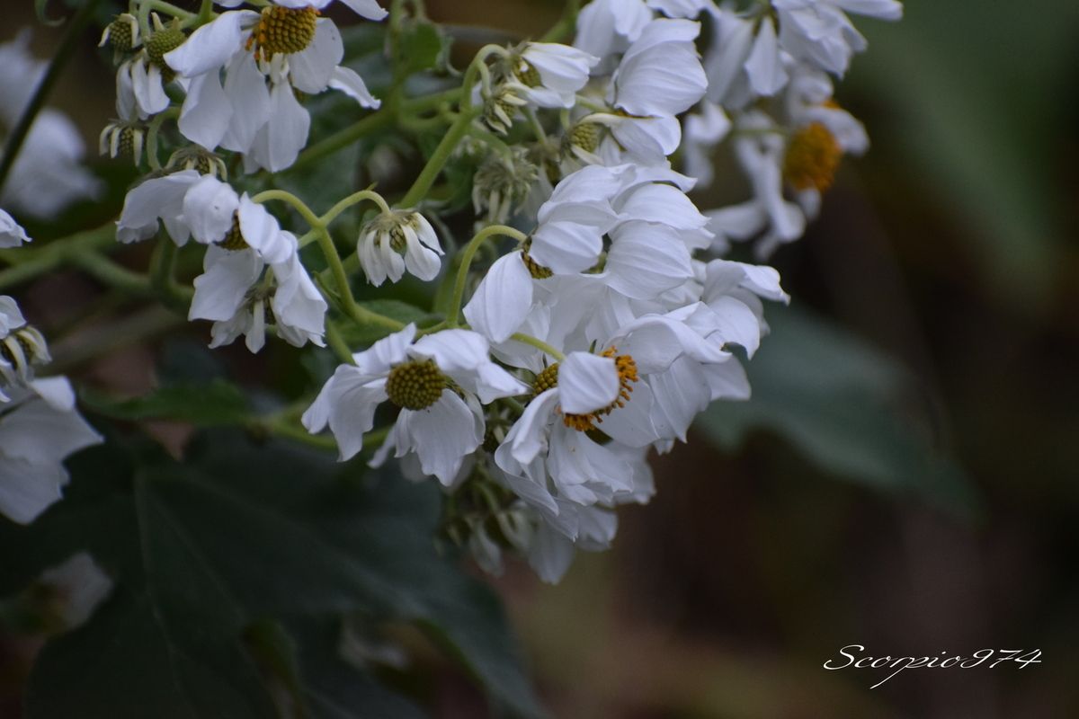 Nature, Nature 974, Nature Réunion, Nature de la Réunion, Nature à la Réunion, flore, flore 974, flore Réunion, flore de la Réunion, flore à la Réunion, fleur, fleur 974, fleur Réunion, fleur de la Réunion, fleur à la Réunion, fleurs, fleurs  974, fleurs de la Réunion, fleurs à la Réunion, fleurs Réunion, fleur blanche, fleur blanche 974, fleur blanche Réunion, fleur blanche de la Réunion, fleur blanche à la Réunion, fleur blanche commune, fleur blanche commune 974, fleur blanche commune Réunion, fleur blanche commune de la Réunion, fleur blanche commune à la Réunion, fleurs communes, fleurs communes 974, fleurs communes Réunion, fleurs communes à la Réunion, fleurs communes de la Réunion, fleurs blanches communes , fleurs blanches communes  974, fleurs blanches communes  Réunion, fleurs blanches communes  de la Réunion, fleurs blanches communes  à la Réunion, espèces florales, espèces florales 974, Réunion, espèces florales de la Réunion, espèces florales à la Réunion, fleurs blanches et jaune, fleurs blanches et jaune 974, Réunion, fleurs blanches et jaune de la Réunion, fleurs blanches et jaune à la Réunion, fleurs blanches et jaunes, fleurs blanches et jaunes à la Réunion, fleurs blanches et jaunes  Réunion, fleurs blanches et jaunes 974, fleurs blanches et jaunes de la Réunion, flore Réunion, flore Réunion, flore de la Réunion, flore à la Réunion, Espèce florale, Espèce florale 974, Espèce florale Réunion, Espèce florale de la Réunion, Espèce florale  à la Réunion, adventice, adventice 974, adventice  Réunion, adventice  de la Réunion, adventice  à la Réunion, adventices, adventices 974, adventices Réunion, adventices de la Réunion, adventices à la Réunion, mauvaise herbe, mauvaise herbe 974, mauvaise herbe Réunion, mauvaise herbe de la Réunion, mauvaise herbe à la Réunion, mauvaise herbe à fleurs blanches, mauvaise herbe à fleurs blanches 974, mauvaise herbe à fleurs blanches Réunion, mauvaise herbe à fleurs blanches de la Réunion, mauvaise herbe à fleurs blanches à la Réunion, mauvaise herbe à fleur blanche, mauvaise herbe à fleur blanche 974, mauvaise herbe à fleur blanche Réunion, mauvaise herbe à fleur blanche à la Réunion, mauvaise herbe à fleur blanche de la Réunion, mauvaise herbe à fleurs blanches envahissante, mauvaise herbe à fleurs blanches envahissante 974, mauvaise herbe à fleurs blanches envahissante Réunion, mauvaise herbe à fleurs blanches envahissante de la Réunion, mauvaise herbe à fleurs blanches envahissante à la Réunion, adventice à fleur blanche,  adventice à fleur blanche 974, adventice à fleur blanche Réunion,  adventice à fleur blanche de la Réunion,  adventice à fleur blanche à la Réunion,  fleur et jaune Réunion,  fleur et jaune de la Réunion,  fleur et jaune à la Réunion,  fleur et jaune 974 communs, communs Réunion, communs 974, communs de la Réunion, communs à la Réunion, introduite, introduite 974, introduite Réunion, introduite de la Réunion, introduite à la Réunion, espèce introduite, espèce introduite 974, espèce introduite Réunion, espèce introduite de la Réunion, espèce introduite,  espèce introduite 974,  espèce introduite Réunion,  espèce introduite de la Réunion,  espèce introduite à la Réunion, introduite,  introduite 974,  introduite Réunion,  introduite de la Réunion,  introduite à la Réunion, espèce de fleur,  espèce de fleur 974, espèce de fleur Réunion, espèce de fleur de la Réunion, espèce de fleur à la Réunion, fleur introduite,  fleur introduite Réunion,  fleur introduite de la Réunion,  fleur introduite à la Réunion, espèces florales introduites, espèces florales introduites 974, espèces florales introduites Réunion, espèces florales introduites de la Réunion, espèces florales introduites à la Réunion, espèce invasive, espèce invasive 974, espèce invasive Réunion, espèce invasive de la Réunion, espèce invasive à la Réunion, espèces invasives,  espèces invasives 974, espèces invasives Réunion, espèces invasives de la Réunion, espèces invasives à la Réunion, espèces florales invasives,  espèces florales invasives Réunion,  espèces florales invasives de la Réunion,  espèces florales invasives à la Réunion,   fleur invasive, fleur invasive 974, fleur invasive Réunion, fleur invasive de la Réunion, fleur invasive à la Réunion, flore invasives,  flore invasives 974, flore invasives Réunion, flore invasives de la Réunion, flore invasives à la Réunion, espèce de fleur introduite,  espèce de fleur introduite Réunion,  espèce de fleur introduite de la Réunion,  espèce de fleur introduite à la Réunion,  espèces fleurs introduites,  espèces fleurs introduites 974,  espèces fleurs introduites Réunion,  espèces fleurs introduites de la Réunion,  espèces fleurs introduites à la Réunion,  espèces fleurs invasives, espèces fleurs invasives 974, espèces fleurs invasives Réunion, espèces fleurs invasives de la Réunion, espèces fleurs invasives à la Réunion, fleurs invasives,  fleurs invasives Réunion,  fleurs invasives de la Réunion,  fleurs invasives à la Réunion, espèce de fleurs invasive, espèce de fleurs invasive 974, espèce de fleurs invasive Réunion, espèce de fleurs invasive de la Réunion, fleurs blanches introduites 974, fleurs blanches introduites Réunion, fleurs blanches introduites de la Réunion, fleurs blanches introduites à la Réunion, fleurs blanches envahissant,  fleurs blanches envahissant 974,  fleurs blanches envahissant Réunion,  fleurs blanches envahissant de la Réunion,  fleurs blanches envahissant à la Réunion, fleurs blanches et et jaune, fleurs envahissant 974, fleurs envahissant Réunion, fleurs envahissant de la Réunion, fleurs envahissant à la Réunion, fleurs nuisible,  fleurs nuisible 974, fleurs nuisible Réunion, fleurs nuisible de la Réunion, fleurs nuisible à la Réunion, flore magnifique,  flore magnifique Réunion,  flore magnifique de la Réunion,  flore magnifique à la Réunion,  fleurs nuisibles,  fleurs nuisibles 974,  fleurs nuisibles Réunion,  fleurs nuisibles de la Réunion,  fleurs nuisibles à la Réunion, fleurs blanches introduites, fleurs blanches et jaunes 974, fleurs blanches et jaunes Réunion, fleurs blanches et jaunes de la Réunion, fleurs blanches et jaunes à la Réunion, espèce florales magnifique,  espèce florales magnifique 974, espèce florales magnifique Réunion, espèce florales magnifique de la Réunion, espèce florales magnifique à la Réunion, flore magnifique,  fleur magnifique,  flore magnifique de la Réunion,  flore magnifique à la Réunion, espèce de fleur invasive, espèce de fleur invasive 974, espèce de fleur invasive Réunion, espèce de fleur invasive de la Réunion, fleurs blanches et jaune à la Réunion,  espèce de fleurs invasives, espèce de fleurs invasives 974, espèce de fleurs invasives Réunion, espèce de fleurs invasives de la Réunion, espèce de fleurs invasives à la Réunion, fleurs blanches introduites,  fleurs blanches introduites 974, fleurs blanches introduites Réunion, fleurs blanches introduites de la Réunion, fleurs blanches introduites à la Réunion, fleurs blanches invasives,  fleurs blanches invasives Réunion,  fleurs blanches invasives de la Réunion,  fleurs blanches invasives à la Réunion,  fleurs blanches introduits,  fleurs blanches introduits 974,  fleurs blanches introduits Réunion,  fleurs blanches introduits de la Réunion,  fleurs blanches introduits à la Réunion,  espèce de fleurs invasives, espèce de fleurs invasives 974, espèce de fleurs invasives Réunion, espèce de fleurs invasives de la Réunion, espèce de fleurs invasives à la Réunion, fleurs blanches nuisible ,  fleurs blanches nuisible  974, fleurs blanches nuisible  Réunion, fleurs blanches nuisible  de la Réunion, fleurs blanches nuisible  à la Réunion, fleurs blanches invasif,  fleurs blanches invasif Réunion,  fleurs blanches invasif de la Réunion,  fleurs blanches invasif à la Réunion,  fleur blanche et et jaunes,  fleur blanche et blanche 974,  fleur blanche et blanche Réunion,  fleur blanche et blanche de la Réunion, fleur blanche et blanche à la Réunion,  espèce de fleurs invasives, espèce de fleurs invasives 974, espèce de fleurs invasives Réunion, fleurs blanches, fleurs blanches 974, fleurs blanches Réunion, fleurs blanches de la Réunion,fleurs blanches à la Réunion, espèce envahissante, espèce envahissante 974, espèce envahissante Réunion, espèce envahissante de la Réunion, espèce envahissante à la Réunion, espèces envahissantes, espèces envahissantes 974, espèces envahissantes Réunion, espèces envahissantes de la Réunion, espèces envahissantes à la Réunion, espèces envahissantes de niveau 4 sur 5, espèces envahissantes de niveau 4 sur 5 974, espèces envahissantes de niveau 4 sur 5 Réunion, espèces envahissantes de niveau 4 sur 5 de la Réunion, espèces envahissantes de niveau 4 sur 5 à la Réunion, espèces envahissantes de quatre sur cinq, espèces envahissantes de quatre sur cinq 974, espèces envahissantes de quatre sur cinq Réunion, espèces envahissantes de quatre sur cinq de la Réunion, espèces envahissantes de quatre sur cinq à la Réunion, espèces envahissantes de niveau 4, espèces envahissantes de niveau 4 974, espèces envahissantes de niveau 4 Réunion, espèces envahissantes de niveau 4 de la Réunion, espèces envahissantes de niveau 4 à la Réunion, espèces envahissantes de moyen niveau niveau, espèces envahissantes de moyen niveau niveau 974, espèces envahissantes de moyen niveau niveau Réunion, espèces envahissantes de moyen niveau niveau de la Réunion, espèces envahissantes de moyen niveau niveau à la Réunion, espèces envahissantes cinq, espèces envahissantes cinq 974, espèces envahissantes cinq Réunion, espèces envahissantes cinq de la Réunion, espèces envahissantes cinq à la Réunion, espèce envahissante de niveau 4 sur 5, espèce envahissante de niveau 4 sur 5 974, espèce envahissante de niveau 4 sur 5 Réunion, espèce envahissante de niveau 4 sur 5 de la Réunion, espèce envahissante de niveau 4 sur 5 à la Réunion, espèce envahissante de quatre sur cinq, espèce envahissante de quatre sur cinq 974, espèce envahissante de quatre sur cinq Réunion, espèce envahissante de quatre sur cinq de la Réunion, espèce envahissante de quatre sur cinq à la Réunion, espèce envahissante de niveau 4, espèce envahissante de niveau 4 974, espèce envahissante de niveau 4 Réunion, espèce envahissante de niveau 4 de la Réunion, espèce envahissante de niveau 4 à la Réunion, espèce envahissante de moyen niveau niveau, espèce envahissante de moyen niveau niveau 974, espèce envahissante de moyen niveau niveau Réunion, espèce envahissante de moyen niveau niveau de la Réunion, espèce envahissante de moyen niveau niveau à la Réunion, espèce envahissante cinq, espèce envahissante cinq 974, espèce envahissante cinq Réunion, espèce envahissante cinq de la Réunion, espèce envahissante cinq à la Réunion, espèce florale envahissante de niveau 4 sur 5, espèce florale envahissante de niveau 4 sur 5 974, espèce florale envahissante de niveau 4 sur 5 Réunion, espèce florale envahissante de niveau 4 sur 5 de la Réunion, espèce florale envahissante de niveau 4 sur 5 à la Réunion, espèce florale envahissante de quatre sur cinq, espèce florale envahissante de quatre sur cinq 974, espèce florale envahissante de quatre sur cinq Réunion, espèce florale envahissante de quatre sur cinq de la Réunion, espèce florale envahissante de quatre sur cinq à la Réunion, espèce florale envahissante de niveau 4, espèce florale envahissante de niveau 4 974, espèce florale envahissante de niveau 4 Réunion, espèce florale envahissante de niveau 4 de la Réunion, espèce florale envahissante de niveau 4 à la Réunion, espèce florale envahissante de moyen niveau niveau, espèce florale envahissante de moyen niveau niveau 974, espèce florale envahissante de moyen niveau niveau Réunion, espèce florale envahissante de moyen niveau niveau de la Réunion, espèce florale envahissante de moyen niveau niveau à la Réunion, espèce florale envahissante cinq, espèce florale envahissante cinq 974, espèce florale envahissante cinq Réunion, espèce florale envahissante cinq de la Réunion, espèce florale envahissante cinq à la Réunion, espèces florales envahissantes de niveau 4 sur 5, espèces florales envahissantes de niveau 4 sur 5 974, espèces florales envahissantes de niveau 4 sur 5 Réunion, espèces florales envahissantes de niveau 4 sur 5 de la Réunion, espèces florales envahissantes de niveau 4 sur 5 à la Réunion, espèces florales envahissantes de quatre sur cinq, espèces florales envahissantes de quatre sur cinq 974, espèces florales envahissantes de quatre sur cinq Réunion, espèces florales envahissantes de quatre sur cinq de la Réunion, espèces florales envahissantes de quatre sur cinq à la Réunion, espèces florales envahissantes de niveau 4, espèces florales envahissantes de niveau 4 974, espèces florales envahissantes de niveau 4 Réunion, espèces florales envahissantes de niveau 4 de la Réunion, espèces florales envahissantes de niveau 4 à la Réunion, espèces florales envahissantes de moyen niveau niveau, espèces florales envahissantes de moyen niveau niveau 974, espèces florales envahissantes de moyen niveau niveau Réunion, espèces florales envahissantes de moyen niveau niveau de la Réunion, espèces florales envahissantes de moyen niveau niveau à la Réunion, espèces florales envahissantes cinq, espèces florales envahissantes cinq 974, espèces florales envahissantes cinq Réunion, espèces florales envahissantes cinq de la Réunion, espèces florales envahissantes cinq à la Réunion, espèces florales nuisibles de niveau 4 sur 5, espèces florales nuisibles de niveau 4 sur 5 974, espèces florales nuisibles de niveau 4 sur 5 Réunion, espèces florales nuisibles de niveau 4 sur 5 de la Réunion, espèces florales nuisibles de niveau 4 sur 5 à la Réunion, espèces florales nuisibles de quatre sur cinq, espèces florales nuisibles de quatre sur cinq 974, espèces florales nuisibles de quatre sur cinq Réunion, espèces florales nuisibles de quatre sur cinq de la Réunion, espèces florales nuisibles de quatre sur cinq à la Réunion, espèces florales nuisibles de niveau 4, espèces florales nuisibles de niveau 4 974, espèces florales nuisibles de niveau 4 Réunion, espèces florales nuisibles de niveau 4 de la Réunion, espèces florales nuisibles de niveau 4 à la Réunion, espèces florales nuisibles de moyen niveau niveau, espèces florales nuisibles de moyen niveau niveau 974, espèces florales nuisibles de moyen niveau niveau Réunion, espèces florales nuisibles de moyen niveau niveau de la Réunion, espèces florales nuisibles de moyen niveau niveau à la Réunion, espèces florales nuisibles cinq, espèces florales nuisibles cinq 974, espèces florales nuisibles cinq Réunion, espèces florales nuisibles cinq de la Réunion, espèces florales nuisibles cinq à la Réunion, espèce florale nuisible de niveau 4 sur 5, espèce florale nuisible de niveau 4 sur 5 974, espèce florale nuisible de niveau 4 sur 5 Réunion, espèce florale nuisible de niveau 4 sur 5 de la Réunion, espèce florale nuisible de niveau 4 sur 5 à la Réunion, espèce florale nuisible de quatre sur cinq, espèce florale nuisible de quatre sur cinq 974, espèce florale nuisible de quatre sur cinq Réunion, espèce florale nuisible de quatre sur cinq de la Réunion, espèce florale nuisible de quatre sur cinq à la Réunion, espèce florale nuisible de niveau 4, espèce florale nuisible de niveau 4 974, espèce florale nuisible de niveau 4 Réunion, espèce florale nuisible de niveau 4 de la Réunion, espèce florale nuisible de niveau 4 à la Réunion, espèce florale nuisible de moyen niveau niveau, espèce florale nuisible de moyen niveau niveau 974, espèce florale nuisible de moyen niveau niveau Réunion, espèce florale nuisible de moyen niveau niveau de la Réunion, espèce florale nuisible de moyen niveau niveau à la Réunion, espèce florale nuisible cinq, espèce florale nuisible cinq 974, espèce florale nuisible cinq Réunion, espèce florale nuisible cinq de la Réunion, espèce florale nuisible cinq à la Réunion, nuisible, nuisible 974, nuisible Réunion, nuisible de la Réunion, nuisible à la Réunion, nuisibles, nuisibles 974, nuisibles Réunion, nuisibles de la Réunion, nuisibles à la Réunion, espèce nuisible, espèce nuisible 974, espèce nuisible Réunion, espèce nuisible de la Réunion, espèce nuisible à la Réunion, espèces nuisibles, espèces nuisibles 974, espèces nuisibles Réunion, espèces nuisibles de la Réunion, espèces nuisibles à la Réunion, fleurs et jaunes introduites,  fleurs et jaunes introduites 974, fleurs et jaunes introduites Réunion, fleurs et jaunes introduites de la Réunion, fleurs et jaunes introduites à la Réunion, fleurs et jaunes invasives,  fleurs et jaunes invasives Réunion,  fleurs et jaunes invasives de la Réunion,  fleurs et jaunes invasives à la Réunion,  fleurs et jaunes introduits,  fleurs et jaunes introduits 974,  fleurs et jaunes introduits Réunion,  fleurs et jaunes introduits de la Réunion,  fleurs et jaunes introduits à la Réunion,  espèce de fleurs invasives, espèce de fleurs invasives 974, espèce de fleurs invasives Réunion, espèce de fleurs invasives de la Réunion, espèce de fleurs invasives à la Réunion, fleurs et jaunes nuisible ,  fleurs et jaunes nuisible  974, fleurs et jaunes nuisible  Réunion, fleurs et jaunes nuisible  de la Réunion, fleurs et jaunes nuisible  à la Réunion, fleurs et jaunes invasif,  fleurs et jaunes invasif Réunion,  fleurs et jaunes invasif de la Réunion,  fleurs et jaunes invasif à la Réunion,  fleur et jaune et et jaunes,  fleur et jaune et et jaune 974,  fleur et jaune et et jaune Réunion,  fleur et jaune et et jaune de la Réunion, fleur et jaune et et jaune à la Réunion,  espèce de fleurs invasives, espèce de fleurs invasives 974, espèce de fleurs invasives Réunion, fleurs et jaunes, fleurs et jaunes 974, fleurs et jaunes Réunion, fleurs et jaunes de la Réunion,fleurs et jaunes à la Réunion,  fleurs et jaunes introduites 974, fleurs et jaunes introduites Réunion, fleurs et jaunes introduites de la Réunion, fleurs et jaunes introduites à la Réunion, fleurs et jaunes envahissant,  fleurs et jaunes envahissant 974,  fleurs et jaunes envahissant Réunion,  fleurs et jaunes envahissant de la Réunion,  fleurs et jaunes envahissant à la Réunion, fleurs et jaunes, mauvaise herbe à fleurs et jaunes, mauvaise herbe à fleurs et jaunes 974, mauvaise herbe à fleurs et jaunes Réunion, mauvaise herbe à fleurs et jaunes de la Réunion, mauvaise herbe à fleurs et jaunes à la Réunion, mauvaise herbe à fleur et jaune, mauvaise herbe à fleur et jaune 974, mauvaise herbe à fleur et jaune Réunion, mauvaise herbe à fleur et jaune à la Réunion, mauvaise herbe à fleur et jaune de la Réunion, mauvaise herbe à fleurs et jaunes envahissante, mauvaise herbe à fleurs et jaunes envahissante 974, mauvaise herbe à fleurs et jaunes envahissante Réunion, mauvaise herbe à fleurs et jaunes envahissante de la Réunion, mauvaise herbe à fleurs et jaunes envahissante à la Réunion, adventice à fleur et jaune,  adventice à fleur et jaune 974,  adventice à fleur et jaune Réunion,  adventice à fleur et jaune de la Réunion,  adventice à fleur et jaune à la Réunion, fleur et jaune, fleur et jaune 974, fleur et jaune Réunion, fleur et jaune de la Réunion, fleur et jaune à la Réunion, fleur et jaune commune, fleur et jaune commune 974, fleur et jaune commune Réunion, fleur et jaune commune de la Réunion, fleur et jaune commune à la Réunion, fleurs communes, fleurs communes 974, fleurs communes Réunion, fleurs communes à la Réunion, fleurs communes de la Réunion, fleurs et jaunes communes , fleurs et jaunes communes  974, fleurs et jaunes communes  Réunion, fleurs et jaunes communes  de la Réunion, fleurs et jaunes communes  à la Réunion, espèces florales, espèces florales 974, Réunion, espèces florales de la Réunion, espèces florales à la Réunion, fleurs et jaunes et jaune, fleurs et jaunes et jaune 974, Réunion, fleurs et jaunes et jaune de la Réunion, fleurs et jaunes et jaune à la Réunion, fleurs et jaunes et jaunes, fleurs et jaunes et jaunes à la Réunion, fleurs et jaunes et jaunes  Réunion, fleurs et jaunes et jaunes 974, fleurs et jaunes et jaunes de la Réunion, Asteraceae, Asteraceae 974,  Asteraceae Réunion,  Asteraceae de la Réunion,  Asteraceae à la Réunion, Asterales,  Asterales 974,  Asterales Réunion,  Asterales à la Réunion,  Asterales de la Réunion, Montanoa hibiscifolia (Benth., 1853),  Montanoa hibiscifolia (Benth., 1853) 974,  Montanoa hibiscifolia (Benth., 1853) Réunion,  Montanoa hibiscifolia (Benth., 1853) de la Réunion,  Montanoa hibiscifolia (Benth., 1853) à la Réunion,  Montanoa hibiscifolia Benth. 1853,  Montanoa hibiscifolia Benth. 1853 974,  Montanoa hibiscifolia Benth. 1853 Réunion,  Montanoa hibiscifolia Benth. 1853 de la Réunion,  Montanoa hibiscifolia Benth. 1853 À la Réunion, Montanoa hibiscifolia Benth.,  Montanoa hibiscifolia Benth. 974,  Montanoa hibiscifolia Benth. Réunion,  Montanoa hibiscifolia Benth. de la Réunion,  Montanoa hibiscifolia Benth. à la Réunion,  Montanoa hibiscifolia Benth,  Montanoa hibiscifolia Benth 974,  Montanoa hibiscifolia Benth Réunion,  Montanoa hibiscifolia Benth de la Réunion,  Montanoa hibiscifolia Benth à la Réunion,  Montanoa, Montanoa 974, Montanoa Réunion, Montanoa à la Réunion, Montanoa de la Réunion, Montanoa hibiscifolia,  Montanoa hibiscifolia 974,  Montanoa hibiscifolia Réunion,  Montanoa hibiscifolia de la Réunion,  Montanoa hibiscifolia à la Réunion, Marguerite de mai, Marguerite de mai 974, Marguerite de mai Réunion, Marguerite de mai De la Réunion, Marguerite de mai À la Réunion, Bush daisy, Anzac flower, Montanoa, Treedaisy, 
