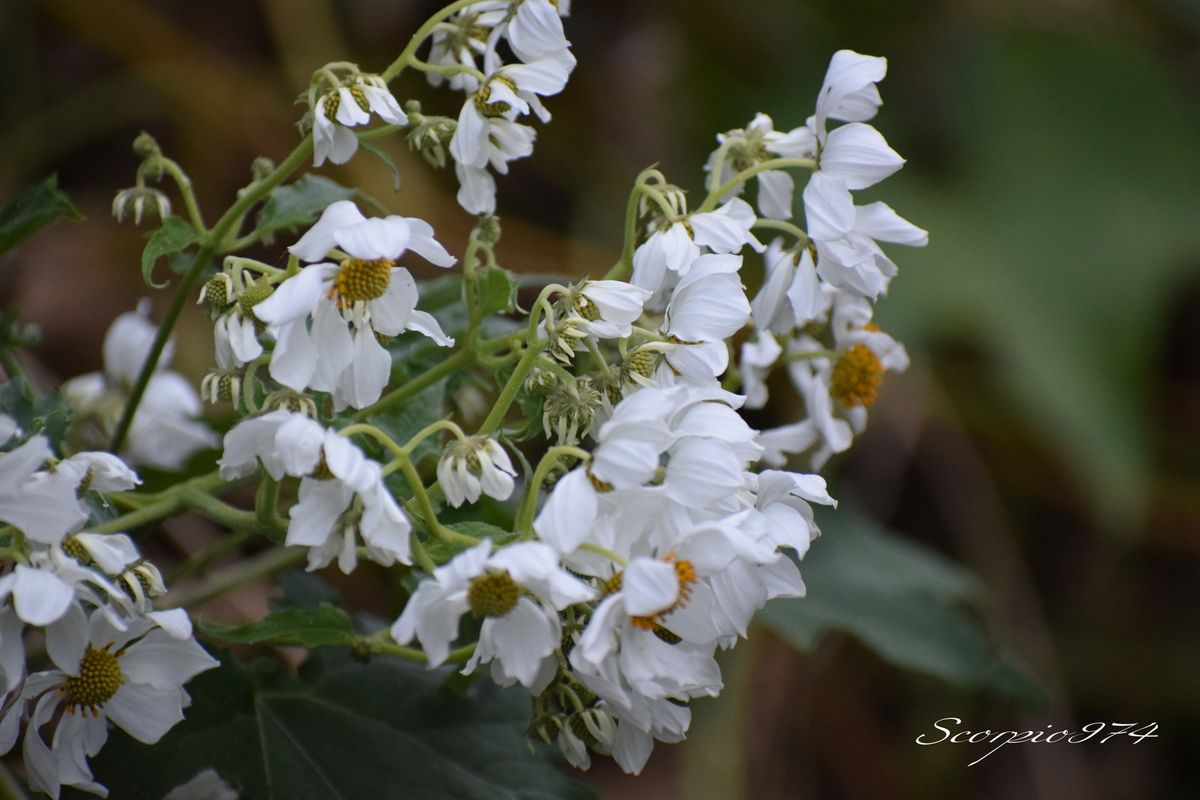 Nature, Nature 974, Nature Réunion, Nature de la Réunion, Nature à la Réunion, flore, flore 974, flore Réunion, flore de la Réunion, flore à la Réunion, fleur, fleur 974, fleur Réunion, fleur de la Réunion, fleur à la Réunion, fleurs, fleurs  974, fleurs de la Réunion, fleurs à la Réunion, fleurs Réunion, fleur blanche, fleur blanche 974, fleur blanche Réunion, fleur blanche de la Réunion, fleur blanche à la Réunion, fleur blanche commune, fleur blanche commune 974, fleur blanche commune Réunion, fleur blanche commune de la Réunion, fleur blanche commune à la Réunion, fleurs communes, fleurs communes 974, fleurs communes Réunion, fleurs communes à la Réunion, fleurs communes de la Réunion, fleurs blanches communes , fleurs blanches communes  974, fleurs blanches communes  Réunion, fleurs blanches communes  de la Réunion, fleurs blanches communes  à la Réunion, espèces florales, espèces florales 974, Réunion, espèces florales de la Réunion, espèces florales à la Réunion, fleurs blanches et jaune, fleurs blanches et jaune 974, Réunion, fleurs blanches et jaune de la Réunion, fleurs blanches et jaune à la Réunion, fleurs blanches et jaunes, fleurs blanches et jaunes à la Réunion, fleurs blanches et jaunes  Réunion, fleurs blanches et jaunes 974, fleurs blanches et jaunes de la Réunion, flore Réunion, flore Réunion, flore de la Réunion, flore à la Réunion, Espèce florale, Espèce florale 974, Espèce florale Réunion, Espèce florale de la Réunion, Espèce florale  à la Réunion, adventice, adventice 974, adventice  Réunion, adventice  de la Réunion, adventice  à la Réunion, adventices, adventices 974, adventices Réunion, adventices de la Réunion, adventices à la Réunion, mauvaise herbe, mauvaise herbe 974, mauvaise herbe Réunion, mauvaise herbe de la Réunion, mauvaise herbe à la Réunion, mauvaise herbe à fleurs blanches, mauvaise herbe à fleurs blanches 974, mauvaise herbe à fleurs blanches Réunion, mauvaise herbe à fleurs blanches de la Réunion, mauvaise herbe à fleurs blanches à la Réunion, mauvaise herbe à fleur blanche, mauvaise herbe à fleur blanche 974, mauvaise herbe à fleur blanche Réunion, mauvaise herbe à fleur blanche à la Réunion, mauvaise herbe à fleur blanche de la Réunion, mauvaise herbe à fleurs blanches envahissante, mauvaise herbe à fleurs blanches envahissante 974, mauvaise herbe à fleurs blanches envahissante Réunion, mauvaise herbe à fleurs blanches envahissante de la Réunion, mauvaise herbe à fleurs blanches envahissante à la Réunion, adventice à fleur blanche,  adventice à fleur blanche 974, adventice à fleur blanche Réunion,  adventice à fleur blanche de la Réunion,  adventice à fleur blanche à la Réunion,  fleur et jaune Réunion,  fleur et jaune de la Réunion,  fleur et jaune à la Réunion,  fleur et jaune 974 communs, communs Réunion, communs 974, communs de la Réunion, communs à la Réunion, introduite, introduite 974, introduite Réunion, introduite de la Réunion, introduite à la Réunion, espèce introduite, espèce introduite 974, espèce introduite Réunion, espèce introduite de la Réunion, espèce introduite,  espèce introduite 974,  espèce introduite Réunion,  espèce introduite de la Réunion,  espèce introduite à la Réunion, introduite,  introduite 974,  introduite Réunion,  introduite de la Réunion,  introduite à la Réunion, espèce de fleur,  espèce de fleur 974, espèce de fleur Réunion, espèce de fleur de la Réunion, espèce de fleur à la Réunion, fleur introduite,  fleur introduite Réunion,  fleur introduite de la Réunion,  fleur introduite à la Réunion, espèces florales introduites, espèces florales introduites 974, espèces florales introduites Réunion, espèces florales introduites de la Réunion, espèces florales introduites à la Réunion, espèce invasive, espèce invasive 974, espèce invasive Réunion, espèce invasive de la Réunion, espèce invasive à la Réunion, espèces invasives,  espèces invasives 974, espèces invasives Réunion, espèces invasives de la Réunion, espèces invasives à la Réunion, espèces florales invasives,  espèces florales invasives Réunion,  espèces florales invasives de la Réunion,  espèces florales invasives à la Réunion,   fleur invasive, fleur invasive 974, fleur invasive Réunion, fleur invasive de la Réunion, fleur invasive à la Réunion, flore invasives,  flore invasives 974, flore invasives Réunion, flore invasives de la Réunion, flore invasives à la Réunion, espèce de fleur introduite,  espèce de fleur introduite Réunion,  espèce de fleur introduite de la Réunion,  espèce de fleur introduite à la Réunion,  espèces fleurs introduites,  espèces fleurs introduites 974,  espèces fleurs introduites Réunion,  espèces fleurs introduites de la Réunion,  espèces fleurs introduites à la Réunion,  espèces fleurs invasives, espèces fleurs invasives 974, espèces fleurs invasives Réunion, espèces fleurs invasives de la Réunion, espèces fleurs invasives à la Réunion, fleurs invasives,  fleurs invasives Réunion,  fleurs invasives de la Réunion,  fleurs invasives à la Réunion, espèce de fleurs invasive, espèce de fleurs invasive 974, espèce de fleurs invasive Réunion, espèce de fleurs invasive de la Réunion, fleurs blanches introduites 974, fleurs blanches introduites Réunion, fleurs blanches introduites de la Réunion, fleurs blanches introduites à la Réunion, fleurs blanches envahissant,  fleurs blanches envahissant 974,  fleurs blanches envahissant Réunion,  fleurs blanches envahissant de la Réunion,  fleurs blanches envahissant à la Réunion, fleurs blanches et et jaune, fleurs envahissant 974, fleurs envahissant Réunion, fleurs envahissant de la Réunion, fleurs envahissant à la Réunion, fleurs nuisible,  fleurs nuisible 974, fleurs nuisible Réunion, fleurs nuisible de la Réunion, fleurs nuisible à la Réunion, flore magnifique,  flore magnifique Réunion,  flore magnifique de la Réunion,  flore magnifique à la Réunion,  fleurs nuisibles,  fleurs nuisibles 974,  fleurs nuisibles Réunion,  fleurs nuisibles de la Réunion,  fleurs nuisibles à la Réunion, fleurs blanches introduites, fleurs blanches et jaunes 974, fleurs blanches et jaunes Réunion, fleurs blanches et jaunes de la Réunion, fleurs blanches et jaunes à la Réunion, espèce florales magnifique,  espèce florales magnifique 974, espèce florales magnifique Réunion, espèce florales magnifique de la Réunion, espèce florales magnifique à la Réunion, flore magnifique,  fleur magnifique,  flore magnifique de la Réunion,  flore magnifique à la Réunion, espèce de fleur invasive, espèce de fleur invasive 974, espèce de fleur invasive Réunion, espèce de fleur invasive de la Réunion, fleurs blanches et jaune à la Réunion,  espèce de fleurs invasives, espèce de fleurs invasives 974, espèce de fleurs invasives Réunion, espèce de fleurs invasives de la Réunion, espèce de fleurs invasives à la Réunion, fleurs blanches introduites,  fleurs blanches introduites 974, fleurs blanches introduites Réunion, fleurs blanches introduites de la Réunion, fleurs blanches introduites à la Réunion, fleurs blanches invasives,  fleurs blanches invasives Réunion,  fleurs blanches invasives de la Réunion,  fleurs blanches invasives à la Réunion,  fleurs blanches introduits,  fleurs blanches introduits 974,  fleurs blanches introduits Réunion,  fleurs blanches introduits de la Réunion,  fleurs blanches introduits à la Réunion,  espèce de fleurs invasives, espèce de fleurs invasives 974, espèce de fleurs invasives Réunion, espèce de fleurs invasives de la Réunion, espèce de fleurs invasives à la Réunion, fleurs blanches nuisible ,  fleurs blanches nuisible  974, fleurs blanches nuisible  Réunion, fleurs blanches nuisible  de la Réunion, fleurs blanches nuisible  à la Réunion, fleurs blanches invasif,  fleurs blanches invasif Réunion,  fleurs blanches invasif de la Réunion,  fleurs blanches invasif à la Réunion,  fleur blanche et et jaunes,  fleur blanche et blanche 974,  fleur blanche et blanche Réunion,  fleur blanche et blanche de la Réunion, fleur blanche et blanche à la Réunion,  espèce de fleurs invasives, espèce de fleurs invasives 974, espèce de fleurs invasives Réunion, fleurs blanches, fleurs blanches 974, fleurs blanches Réunion, fleurs blanches de la Réunion,fleurs blanches à la Réunion, espèce envahissante, espèce envahissante 974, espèce envahissante Réunion, espèce envahissante de la Réunion, espèce envahissante à la Réunion, espèces envahissantes, espèces envahissantes 974, espèces envahissantes Réunion, espèces envahissantes de la Réunion, espèces envahissantes à la Réunion, espèces envahissantes de niveau 4 sur 5, espèces envahissantes de niveau 4 sur 5 974, espèces envahissantes de niveau 4 sur 5 Réunion, espèces envahissantes de niveau 4 sur 5 de la Réunion, espèces envahissantes de niveau 4 sur 5 à la Réunion, espèces envahissantes de quatre sur cinq, espèces envahissantes de quatre sur cinq 974, espèces envahissantes de quatre sur cinq Réunion, espèces envahissantes de quatre sur cinq de la Réunion, espèces envahissantes de quatre sur cinq à la Réunion, espèces envahissantes de niveau 4, espèces envahissantes de niveau 4 974, espèces envahissantes de niveau 4 Réunion, espèces envahissantes de niveau 4 de la Réunion, espèces envahissantes de niveau 4 à la Réunion, espèces envahissantes de moyen niveau niveau, espèces envahissantes de moyen niveau niveau 974, espèces envahissantes de moyen niveau niveau Réunion, espèces envahissantes de moyen niveau niveau de la Réunion, espèces envahissantes de moyen niveau niveau à la Réunion, espèces envahissantes cinq, espèces envahissantes cinq 974, espèces envahissantes cinq Réunion, espèces envahissantes cinq de la Réunion, espèces envahissantes cinq à la Réunion, espèce envahissante de niveau 4 sur 5, espèce envahissante de niveau 4 sur 5 974, espèce envahissante de niveau 4 sur 5 Réunion, espèce envahissante de niveau 4 sur 5 de la Réunion, espèce envahissante de niveau 4 sur 5 à la Réunion, espèce envahissante de quatre sur cinq, espèce envahissante de quatre sur cinq 974, espèce envahissante de quatre sur cinq Réunion, espèce envahissante de quatre sur cinq de la Réunion, espèce envahissante de quatre sur cinq à la Réunion, espèce envahissante de niveau 4, espèce envahissante de niveau 4 974, espèce envahissante de niveau 4 Réunion, espèce envahissante de niveau 4 de la Réunion, espèce envahissante de niveau 4 à la Réunion, espèce envahissante de moyen niveau niveau, espèce envahissante de moyen niveau niveau 974, espèce envahissante de moyen niveau niveau Réunion, espèce envahissante de moyen niveau niveau de la Réunion, espèce envahissante de moyen niveau niveau à la Réunion, espèce envahissante cinq, espèce envahissante cinq 974, espèce envahissante cinq Réunion, espèce envahissante cinq de la Réunion, espèce envahissante cinq à la Réunion, espèce florale envahissante de niveau 4 sur 5, espèce florale envahissante de niveau 4 sur 5 974, espèce florale envahissante de niveau 4 sur 5 Réunion, espèce florale envahissante de niveau 4 sur 5 de la Réunion, espèce florale envahissante de niveau 4 sur 5 à la Réunion, espèce florale envahissante de quatre sur cinq, espèce florale envahissante de quatre sur cinq 974, espèce florale envahissante de quatre sur cinq Réunion, espèce florale envahissante de quatre sur cinq de la Réunion, espèce florale envahissante de quatre sur cinq à la Réunion, espèce florale envahissante de niveau 4, espèce florale envahissante de niveau 4 974, espèce florale envahissante de niveau 4 Réunion, espèce florale envahissante de niveau 4 de la Réunion, espèce florale envahissante de niveau 4 à la Réunion, espèce florale envahissante de moyen niveau niveau, espèce florale envahissante de moyen niveau niveau 974, espèce florale envahissante de moyen niveau niveau Réunion, espèce florale envahissante de moyen niveau niveau de la Réunion, espèce florale envahissante de moyen niveau niveau à la Réunion, espèce florale envahissante cinq, espèce florale envahissante cinq 974, espèce florale envahissante cinq Réunion, espèce florale envahissante cinq de la Réunion, espèce florale envahissante cinq à la Réunion, espèces florales envahissantes de niveau 4 sur 5, espèces florales envahissantes de niveau 4 sur 5 974, espèces florales envahissantes de niveau 4 sur 5 Réunion, espèces florales envahissantes de niveau 4 sur 5 de la Réunion, espèces florales envahissantes de niveau 4 sur 5 à la Réunion, espèces florales envahissantes de quatre sur cinq, espèces florales envahissantes de quatre sur cinq 974, espèces florales envahissantes de quatre sur cinq Réunion, espèces florales envahissantes de quatre sur cinq de la Réunion, espèces florales envahissantes de quatre sur cinq à la Réunion, espèces florales envahissantes de niveau 4, espèces florales envahissantes de niveau 4 974, espèces florales envahissantes de niveau 4 Réunion, espèces florales envahissantes de niveau 4 de la Réunion, espèces florales envahissantes de niveau 4 à la Réunion, espèces florales envahissantes de moyen niveau niveau, espèces florales envahissantes de moyen niveau niveau 974, espèces florales envahissantes de moyen niveau niveau Réunion, espèces florales envahissantes de moyen niveau niveau de la Réunion, espèces florales envahissantes de moyen niveau niveau à la Réunion, espèces florales envahissantes cinq, espèces florales envahissantes cinq 974, espèces florales envahissantes cinq Réunion, espèces florales envahissantes cinq de la Réunion, espèces florales envahissantes cinq à la Réunion, espèces florales nuisibles de niveau 4 sur 5, espèces florales nuisibles de niveau 4 sur 5 974, espèces florales nuisibles de niveau 4 sur 5 Réunion, espèces florales nuisibles de niveau 4 sur 5 de la Réunion, espèces florales nuisibles de niveau 4 sur 5 à la Réunion, espèces florales nuisibles de quatre sur cinq, espèces florales nuisibles de quatre sur cinq 974, espèces florales nuisibles de quatre sur cinq Réunion, espèces florales nuisibles de quatre sur cinq de la Réunion, espèces florales nuisibles de quatre sur cinq à la Réunion, espèces florales nuisibles de niveau 4, espèces florales nuisibles de niveau 4 974, espèces florales nuisibles de niveau 4 Réunion, espèces florales nuisibles de niveau 4 de la Réunion, espèces florales nuisibles de niveau 4 à la Réunion, espèces florales nuisibles de moyen niveau niveau, espèces florales nuisibles de moyen niveau niveau 974, espèces florales nuisibles de moyen niveau niveau Réunion, espèces florales nuisibles de moyen niveau niveau de la Réunion, espèces florales nuisibles de moyen niveau niveau à la Réunion, espèces florales nuisibles cinq, espèces florales nuisibles cinq 974, espèces florales nuisibles cinq Réunion, espèces florales nuisibles cinq de la Réunion, espèces florales nuisibles cinq à la Réunion, espèce florale nuisible de niveau 4 sur 5, espèce florale nuisible de niveau 4 sur 5 974, espèce florale nuisible de niveau 4 sur 5 Réunion, espèce florale nuisible de niveau 4 sur 5 de la Réunion, espèce florale nuisible de niveau 4 sur 5 à la Réunion, espèce florale nuisible de quatre sur cinq, espèce florale nuisible de quatre sur cinq 974, espèce florale nuisible de quatre sur cinq Réunion, espèce florale nuisible de quatre sur cinq de la Réunion, espèce florale nuisible de quatre sur cinq à la Réunion, espèce florale nuisible de niveau 4, espèce florale nuisible de niveau 4 974, espèce florale nuisible de niveau 4 Réunion, espèce florale nuisible de niveau 4 de la Réunion, espèce florale nuisible de niveau 4 à la Réunion, espèce florale nuisible de moyen niveau niveau, espèce florale nuisible de moyen niveau niveau 974, espèce florale nuisible de moyen niveau niveau Réunion, espèce florale nuisible de moyen niveau niveau de la Réunion, espèce florale nuisible de moyen niveau niveau à la Réunion, espèce florale nuisible cinq, espèce florale nuisible cinq 974, espèce florale nuisible cinq Réunion, espèce florale nuisible cinq de la Réunion, espèce florale nuisible cinq à la Réunion, nuisible, nuisible 974, nuisible Réunion, nuisible de la Réunion, nuisible à la Réunion, nuisibles, nuisibles 974, nuisibles Réunion, nuisibles de la Réunion, nuisibles à la Réunion, espèce nuisible, espèce nuisible 974, espèce nuisible Réunion, espèce nuisible de la Réunion, espèce nuisible à la Réunion, espèces nuisibles, espèces nuisibles 974, espèces nuisibles Réunion, espèces nuisibles de la Réunion, espèces nuisibles à la Réunion, fleurs et jaunes introduites,  fleurs et jaunes introduites 974, fleurs et jaunes introduites Réunion, fleurs et jaunes introduites de la Réunion, fleurs et jaunes introduites à la Réunion, fleurs et jaunes invasives,  fleurs et jaunes invasives Réunion,  fleurs et jaunes invasives de la Réunion,  fleurs et jaunes invasives à la Réunion,  fleurs et jaunes introduits,  fleurs et jaunes introduits 974,  fleurs et jaunes introduits Réunion,  fleurs et jaunes introduits de la Réunion,  fleurs et jaunes introduits à la Réunion,  espèce de fleurs invasives, espèce de fleurs invasives 974, espèce de fleurs invasives Réunion, espèce de fleurs invasives de la Réunion, espèce de fleurs invasives à la Réunion, fleurs et jaunes nuisible ,  fleurs et jaunes nuisible  974, fleurs et jaunes nuisible  Réunion, fleurs et jaunes nuisible  de la Réunion, fleurs et jaunes nuisible  à la Réunion, fleurs et jaunes invasif,  fleurs et jaunes invasif Réunion,  fleurs et jaunes invasif de la Réunion,  fleurs et jaunes invasif à la Réunion,  fleur et jaune et et jaunes,  fleur et jaune et et jaune 974,  fleur et jaune et et jaune Réunion,  fleur et jaune et et jaune de la Réunion, fleur et jaune et et jaune à la Réunion,  espèce de fleurs invasives, espèce de fleurs invasives 974, espèce de fleurs invasives Réunion, fleurs et jaunes, fleurs et jaunes 974, fleurs et jaunes Réunion, fleurs et jaunes de la Réunion,fleurs et jaunes à la Réunion,  fleurs et jaunes introduites 974, fleurs et jaunes introduites Réunion, fleurs et jaunes introduites de la Réunion, fleurs et jaunes introduites à la Réunion, fleurs et jaunes envahissant,  fleurs et jaunes envahissant 974,  fleurs et jaunes envahissant Réunion,  fleurs et jaunes envahissant de la Réunion,  fleurs et jaunes envahissant à la Réunion, fleurs et jaunes, mauvaise herbe à fleurs et jaunes, mauvaise herbe à fleurs et jaunes 974, mauvaise herbe à fleurs et jaunes Réunion, mauvaise herbe à fleurs et jaunes de la Réunion, mauvaise herbe à fleurs et jaunes à la Réunion, mauvaise herbe à fleur et jaune, mauvaise herbe à fleur et jaune 974, mauvaise herbe à fleur et jaune Réunion, mauvaise herbe à fleur et jaune à la Réunion, mauvaise herbe à fleur et jaune de la Réunion, mauvaise herbe à fleurs et jaunes envahissante, mauvaise herbe à fleurs et jaunes envahissante 974, mauvaise herbe à fleurs et jaunes envahissante Réunion, mauvaise herbe à fleurs et jaunes envahissante de la Réunion, mauvaise herbe à fleurs et jaunes envahissante à la Réunion, adventice à fleur et jaune,  adventice à fleur et jaune 974,  adventice à fleur et jaune Réunion,  adventice à fleur et jaune de la Réunion,  adventice à fleur et jaune à la Réunion, fleur et jaune, fleur et jaune 974, fleur et jaune Réunion, fleur et jaune de la Réunion, fleur et jaune à la Réunion, fleur et jaune commune, fleur et jaune commune 974, fleur et jaune commune Réunion, fleur et jaune commune de la Réunion, fleur et jaune commune à la Réunion, fleurs communes, fleurs communes 974, fleurs communes Réunion, fleurs communes à la Réunion, fleurs communes de la Réunion, fleurs et jaunes communes , fleurs et jaunes communes  974, fleurs et jaunes communes  Réunion, fleurs et jaunes communes  de la Réunion, fleurs et jaunes communes  à la Réunion, espèces florales, espèces florales 974, Réunion, espèces florales de la Réunion, espèces florales à la Réunion, fleurs et jaunes et jaune, fleurs et jaunes et jaune 974, Réunion, fleurs et jaunes et jaune de la Réunion, fleurs et jaunes et jaune à la Réunion, fleurs et jaunes et jaunes, fleurs et jaunes et jaunes à la Réunion, fleurs et jaunes et jaunes  Réunion, fleurs et jaunes et jaunes 974, fleurs et jaunes et jaunes de la Réunion, Asteraceae, Asteraceae 974,  Asteraceae Réunion,  Asteraceae de la Réunion,  Asteraceae à la Réunion, Asterales,  Asterales 974,  Asterales Réunion,  Asterales à la Réunion,  Asterales de la Réunion, Montanoa hibiscifolia (Benth., 1853),  Montanoa hibiscifolia (Benth., 1853) 974,  Montanoa hibiscifolia (Benth., 1853) Réunion,  Montanoa hibiscifolia (Benth., 1853) de la Réunion,  Montanoa hibiscifolia (Benth., 1853) à la Réunion,  Montanoa hibiscifolia Benth. 1853,  Montanoa hibiscifolia Benth. 1853 974,  Montanoa hibiscifolia Benth. 1853 Réunion,  Montanoa hibiscifolia Benth. 1853 de la Réunion,  Montanoa hibiscifolia Benth. 1853 À la Réunion, Montanoa hibiscifolia Benth.,  Montanoa hibiscifolia Benth. 974,  Montanoa hibiscifolia Benth. Réunion,  Montanoa hibiscifolia Benth. de la Réunion,  Montanoa hibiscifolia Benth. à la Réunion,  Montanoa hibiscifolia Benth,  Montanoa hibiscifolia Benth 974,  Montanoa hibiscifolia Benth Réunion,  Montanoa hibiscifolia Benth de la Réunion,  Montanoa hibiscifolia Benth à la Réunion,  Montanoa, Montanoa 974, Montanoa Réunion, Montanoa à la Réunion, Montanoa de la Réunion, Montanoa hibiscifolia,  Montanoa hibiscifolia 974,  Montanoa hibiscifolia Réunion,  Montanoa hibiscifolia de la Réunion,  Montanoa hibiscifolia à la Réunion, Marguerite de mai, Marguerite de mai 974, Marguerite de mai Réunion, Marguerite de mai De la Réunion, Marguerite de mai À la Réunion, Bush daisy, Anzac flower, Montanoa, Treedaisy, 