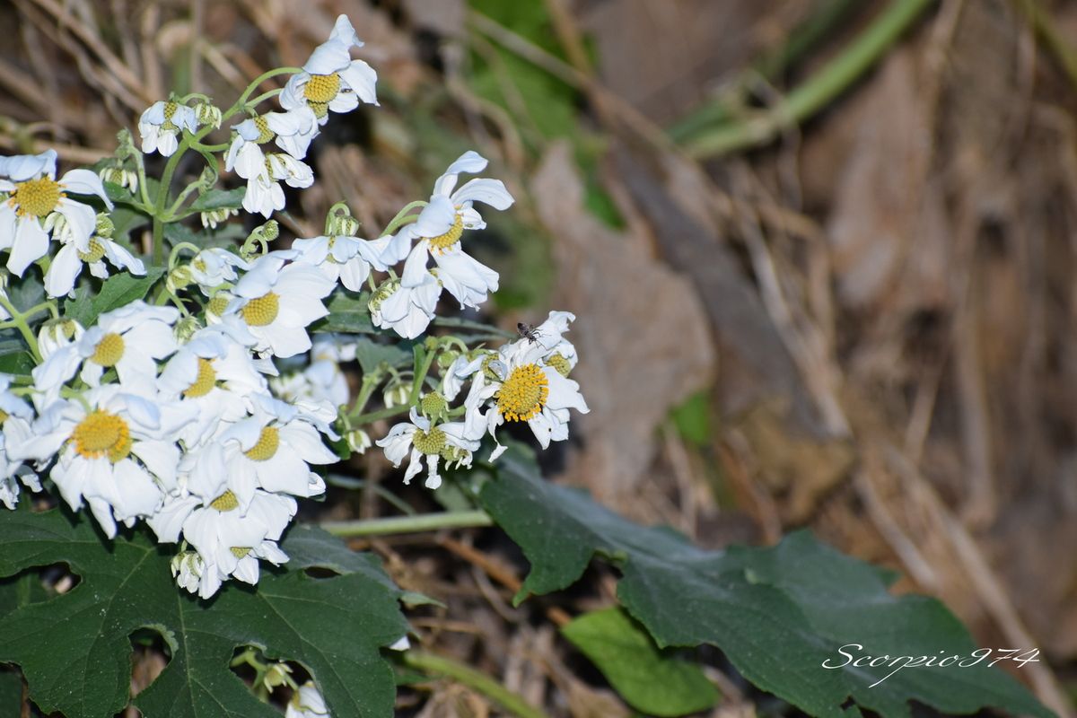 Nature, Nature 974, Nature Réunion, Nature de la Réunion, Nature à la Réunion, flore, flore 974, flore Réunion, flore de la Réunion, flore à la Réunion, fleur, fleur 974, fleur Réunion, fleur de la Réunion, fleur à la Réunion, fleurs, fleurs  974, fleurs de la Réunion, fleurs à la Réunion, fleurs Réunion, fleur blanche, fleur blanche 974, fleur blanche Réunion, fleur blanche de la Réunion, fleur blanche à la Réunion, fleur blanche commune, fleur blanche commune 974, fleur blanche commune Réunion, fleur blanche commune de la Réunion, fleur blanche commune à la Réunion, fleurs communes, fleurs communes 974, fleurs communes Réunion, fleurs communes à la Réunion, fleurs communes de la Réunion, fleurs blanches communes , fleurs blanches communes  974, fleurs blanches communes  Réunion, fleurs blanches communes  de la Réunion, fleurs blanches communes  à la Réunion, espèces florales, espèces florales 974, Réunion, espèces florales de la Réunion, espèces florales à la Réunion, fleurs blanches et jaune, fleurs blanches et jaune 974, Réunion, fleurs blanches et jaune de la Réunion, fleurs blanches et jaune à la Réunion, fleurs blanches et jaunes, fleurs blanches et jaunes à la Réunion, fleurs blanches et jaunes  Réunion, fleurs blanches et jaunes 974, fleurs blanches et jaunes de la Réunion, flore Réunion, flore Réunion, flore de la Réunion, flore à la Réunion, Espèce florale, Espèce florale 974, Espèce florale Réunion, Espèce florale de la Réunion, Espèce florale  à la Réunion, adventice, adventice 974, adventice  Réunion, adventice  de la Réunion, adventice  à la Réunion, adventices, adventices 974, adventices Réunion, adventices de la Réunion, adventices à la Réunion, mauvaise herbe, mauvaise herbe 974, mauvaise herbe Réunion, mauvaise herbe de la Réunion, mauvaise herbe à la Réunion, mauvaise herbe à fleurs blanches, mauvaise herbe à fleurs blanches 974, mauvaise herbe à fleurs blanches Réunion, mauvaise herbe à fleurs blanches de la Réunion, mauvaise herbe à fleurs blanches à la Réunion, mauvaise herbe à fleur blanche, mauvaise herbe à fleur blanche 974, mauvaise herbe à fleur blanche Réunion, mauvaise herbe à fleur blanche à la Réunion, mauvaise herbe à fleur blanche de la Réunion, mauvaise herbe à fleurs blanches envahissante, mauvaise herbe à fleurs blanches envahissante 974, mauvaise herbe à fleurs blanches envahissante Réunion, mauvaise herbe à fleurs blanches envahissante de la Réunion, mauvaise herbe à fleurs blanches envahissante à la Réunion, adventice à fleur blanche,  adventice à fleur blanche 974, adventice à fleur blanche Réunion,  adventice à fleur blanche de la Réunion,  adventice à fleur blanche à la Réunion,  fleur et jaune Réunion,  fleur et jaune de la Réunion,  fleur et jaune à la Réunion,  fleur et jaune 974 communs, communs Réunion, communs 974, communs de la Réunion, communs à la Réunion, introduite, introduite 974, introduite Réunion, introduite de la Réunion, introduite à la Réunion, espèce introduite, espèce introduite 974, espèce introduite Réunion, espèce introduite de la Réunion, espèce introduite,  espèce introduite 974,  espèce introduite Réunion,  espèce introduite de la Réunion,  espèce introduite à la Réunion, introduite,  introduite 974,  introduite Réunion,  introduite de la Réunion,  introduite à la Réunion, espèce de fleur,  espèce de fleur 974, espèce de fleur Réunion, espèce de fleur de la Réunion, espèce de fleur à la Réunion, fleur introduite,  fleur introduite Réunion,  fleur introduite de la Réunion,  fleur introduite à la Réunion, espèces florales introduites, espèces florales introduites 974, espèces florales introduites Réunion, espèces florales introduites de la Réunion, espèces florales introduites à la Réunion, espèce invasive, espèce invasive 974, espèce invasive Réunion, espèce invasive de la Réunion, espèce invasive à la Réunion, espèces invasives,  espèces invasives 974, espèces invasives Réunion, espèces invasives de la Réunion, espèces invasives à la Réunion, espèces florales invasives,  espèces florales invasives Réunion,  espèces florales invasives de la Réunion,  espèces florales invasives à la Réunion,   fleur invasive, fleur invasive 974, fleur invasive Réunion, fleur invasive de la Réunion, fleur invasive à la Réunion, flore invasives,  flore invasives 974, flore invasives Réunion, flore invasives de la Réunion, flore invasives à la Réunion, espèce de fleur introduite,  espèce de fleur introduite Réunion,  espèce de fleur introduite de la Réunion,  espèce de fleur introduite à la Réunion,  espèces fleurs introduites,  espèces fleurs introduites 974,  espèces fleurs introduites Réunion,  espèces fleurs introduites de la Réunion,  espèces fleurs introduites à la Réunion,  espèces fleurs invasives, espèces fleurs invasives 974, espèces fleurs invasives Réunion, espèces fleurs invasives de la Réunion, espèces fleurs invasives à la Réunion, fleurs invasives,  fleurs invasives Réunion,  fleurs invasives de la Réunion,  fleurs invasives à la Réunion, espèce de fleurs invasive, espèce de fleurs invasive 974, espèce de fleurs invasive Réunion, espèce de fleurs invasive de la Réunion, fleurs blanches introduites 974, fleurs blanches introduites Réunion, fleurs blanches introduites de la Réunion, fleurs blanches introduites à la Réunion, fleurs blanches envahissant,  fleurs blanches envahissant 974,  fleurs blanches envahissant Réunion,  fleurs blanches envahissant de la Réunion,  fleurs blanches envahissant à la Réunion, fleurs blanches et et jaune, fleurs envahissant 974, fleurs envahissant Réunion, fleurs envahissant de la Réunion, fleurs envahissant à la Réunion, fleurs nuisible,  fleurs nuisible 974, fleurs nuisible Réunion, fleurs nuisible de la Réunion, fleurs nuisible à la Réunion, flore magnifique,  flore magnifique Réunion,  flore magnifique de la Réunion,  flore magnifique à la Réunion,  fleurs nuisibles,  fleurs nuisibles 974,  fleurs nuisibles Réunion,  fleurs nuisibles de la Réunion,  fleurs nuisibles à la Réunion, fleurs blanches introduites, fleurs blanches et jaunes 974, fleurs blanches et jaunes Réunion, fleurs blanches et jaunes de la Réunion, fleurs blanches et jaunes à la Réunion, espèce florales magnifique,  espèce florales magnifique 974, espèce florales magnifique Réunion, espèce florales magnifique de la Réunion, espèce florales magnifique à la Réunion, flore magnifique,  fleur magnifique,  flore magnifique de la Réunion,  flore magnifique à la Réunion, espèce de fleur invasive, espèce de fleur invasive 974, espèce de fleur invasive Réunion, espèce de fleur invasive de la Réunion, fleurs blanches et jaune à la Réunion,  espèce de fleurs invasives, espèce de fleurs invasives 974, espèce de fleurs invasives Réunion, espèce de fleurs invasives de la Réunion, espèce de fleurs invasives à la Réunion, fleurs blanches introduites,  fleurs blanches introduites 974, fleurs blanches introduites Réunion, fleurs blanches introduites de la Réunion, fleurs blanches introduites à la Réunion, fleurs blanches invasives,  fleurs blanches invasives Réunion,  fleurs blanches invasives de la Réunion,  fleurs blanches invasives à la Réunion,  fleurs blanches introduits,  fleurs blanches introduits 974,  fleurs blanches introduits Réunion,  fleurs blanches introduits de la Réunion,  fleurs blanches introduits à la Réunion,  espèce de fleurs invasives, espèce de fleurs invasives 974, espèce de fleurs invasives Réunion, espèce de fleurs invasives de la Réunion, espèce de fleurs invasives à la Réunion, fleurs blanches nuisible ,  fleurs blanches nuisible  974, fleurs blanches nuisible  Réunion, fleurs blanches nuisible  de la Réunion, fleurs blanches nuisible  à la Réunion, fleurs blanches invasif,  fleurs blanches invasif Réunion,  fleurs blanches invasif de la Réunion,  fleurs blanches invasif à la Réunion,  fleur blanche et et jaunes,  fleur blanche et blanche 974,  fleur blanche et blanche Réunion,  fleur blanche et blanche de la Réunion, fleur blanche et blanche à la Réunion,  espèce de fleurs invasives, espèce de fleurs invasives 974, espèce de fleurs invasives Réunion, fleurs blanches, fleurs blanches 974, fleurs blanches Réunion, fleurs blanches de la Réunion,fleurs blanches à la Réunion, espèce envahissante, espèce envahissante 974, espèce envahissante Réunion, espèce envahissante de la Réunion, espèce envahissante à la Réunion, espèces envahissantes, espèces envahissantes 974, espèces envahissantes Réunion, espèces envahissantes de la Réunion, espèces envahissantes à la Réunion, espèces envahissantes de niveau 4 sur 5, espèces envahissantes de niveau 4 sur 5 974, espèces envahissantes de niveau 4 sur 5 Réunion, espèces envahissantes de niveau 4 sur 5 de la Réunion, espèces envahissantes de niveau 4 sur 5 à la Réunion, espèces envahissantes de quatre sur cinq, espèces envahissantes de quatre sur cinq 974, espèces envahissantes de quatre sur cinq Réunion, espèces envahissantes de quatre sur cinq de la Réunion, espèces envahissantes de quatre sur cinq à la Réunion, espèces envahissantes de niveau 4, espèces envahissantes de niveau 4 974, espèces envahissantes de niveau 4 Réunion, espèces envahissantes de niveau 4 de la Réunion, espèces envahissantes de niveau 4 à la Réunion, espèces envahissantes de moyen niveau niveau, espèces envahissantes de moyen niveau niveau 974, espèces envahissantes de moyen niveau niveau Réunion, espèces envahissantes de moyen niveau niveau de la Réunion, espèces envahissantes de moyen niveau niveau à la Réunion, espèces envahissantes cinq, espèces envahissantes cinq 974, espèces envahissantes cinq Réunion, espèces envahissantes cinq de la Réunion, espèces envahissantes cinq à la Réunion, espèce envahissante de niveau 4 sur 5, espèce envahissante de niveau 4 sur 5 974, espèce envahissante de niveau 4 sur 5 Réunion, espèce envahissante de niveau 4 sur 5 de la Réunion, espèce envahissante de niveau 4 sur 5 à la Réunion, espèce envahissante de quatre sur cinq, espèce envahissante de quatre sur cinq 974, espèce envahissante de quatre sur cinq Réunion, espèce envahissante de quatre sur cinq de la Réunion, espèce envahissante de quatre sur cinq à la Réunion, espèce envahissante de niveau 4, espèce envahissante de niveau 4 974, espèce envahissante de niveau 4 Réunion, espèce envahissante de niveau 4 de la Réunion, espèce envahissante de niveau 4 à la Réunion, espèce envahissante de moyen niveau niveau, espèce envahissante de moyen niveau niveau 974, espèce envahissante de moyen niveau niveau Réunion, espèce envahissante de moyen niveau niveau de la Réunion, espèce envahissante de moyen niveau niveau à la Réunion, espèce envahissante cinq, espèce envahissante cinq 974, espèce envahissante cinq Réunion, espèce envahissante cinq de la Réunion, espèce envahissante cinq à la Réunion, espèce florale envahissante de niveau 4 sur 5, espèce florale envahissante de niveau 4 sur 5 974, espèce florale envahissante de niveau 4 sur 5 Réunion, espèce florale envahissante de niveau 4 sur 5 de la Réunion, espèce florale envahissante de niveau 4 sur 5 à la Réunion, espèce florale envahissante de quatre sur cinq, espèce florale envahissante de quatre sur cinq 974, espèce florale envahissante de quatre sur cinq Réunion, espèce florale envahissante de quatre sur cinq de la Réunion, espèce florale envahissante de quatre sur cinq à la Réunion, espèce florale envahissante de niveau 4, espèce florale envahissante de niveau 4 974, espèce florale envahissante de niveau 4 Réunion, espèce florale envahissante de niveau 4 de la Réunion, espèce florale envahissante de niveau 4 à la Réunion, espèce florale envahissante de moyen niveau niveau, espèce florale envahissante de moyen niveau niveau 974, espèce florale envahissante de moyen niveau niveau Réunion, espèce florale envahissante de moyen niveau niveau de la Réunion, espèce florale envahissante de moyen niveau niveau à la Réunion, espèce florale envahissante cinq, espèce florale envahissante cinq 974, espèce florale envahissante cinq Réunion, espèce florale envahissante cinq de la Réunion, espèce florale envahissante cinq à la Réunion, espèces florales envahissantes de niveau 4 sur 5, espèces florales envahissantes de niveau 4 sur 5 974, espèces florales envahissantes de niveau 4 sur 5 Réunion, espèces florales envahissantes de niveau 4 sur 5 de la Réunion, espèces florales envahissantes de niveau 4 sur 5 à la Réunion, espèces florales envahissantes de quatre sur cinq, espèces florales envahissantes de quatre sur cinq 974, espèces florales envahissantes de quatre sur cinq Réunion, espèces florales envahissantes de quatre sur cinq de la Réunion, espèces florales envahissantes de quatre sur cinq à la Réunion, espèces florales envahissantes de niveau 4, espèces florales envahissantes de niveau 4 974, espèces florales envahissantes de niveau 4 Réunion, espèces florales envahissantes de niveau 4 de la Réunion, espèces florales envahissantes de niveau 4 à la Réunion, espèces florales envahissantes de moyen niveau niveau, espèces florales envahissantes de moyen niveau niveau 974, espèces florales envahissantes de moyen niveau niveau Réunion, espèces florales envahissantes de moyen niveau niveau de la Réunion, espèces florales envahissantes de moyen niveau niveau à la Réunion, espèces florales envahissantes cinq, espèces florales envahissantes cinq 974, espèces florales envahissantes cinq Réunion, espèces florales envahissantes cinq de la Réunion, espèces florales envahissantes cinq à la Réunion, espèces florales nuisibles de niveau 4 sur 5, espèces florales nuisibles de niveau 4 sur 5 974, espèces florales nuisibles de niveau 4 sur 5 Réunion, espèces florales nuisibles de niveau 4 sur 5 de la Réunion, espèces florales nuisibles de niveau 4 sur 5 à la Réunion, espèces florales nuisibles de quatre sur cinq, espèces florales nuisibles de quatre sur cinq 974, espèces florales nuisibles de quatre sur cinq Réunion, espèces florales nuisibles de quatre sur cinq de la Réunion, espèces florales nuisibles de quatre sur cinq à la Réunion, espèces florales nuisibles de niveau 4, espèces florales nuisibles de niveau 4 974, espèces florales nuisibles de niveau 4 Réunion, espèces florales nuisibles de niveau 4 de la Réunion, espèces florales nuisibles de niveau 4 à la Réunion, espèces florales nuisibles de moyen niveau niveau, espèces florales nuisibles de moyen niveau niveau 974, espèces florales nuisibles de moyen niveau niveau Réunion, espèces florales nuisibles de moyen niveau niveau de la Réunion, espèces florales nuisibles de moyen niveau niveau à la Réunion, espèces florales nuisibles cinq, espèces florales nuisibles cinq 974, espèces florales nuisibles cinq Réunion, espèces florales nuisibles cinq de la Réunion, espèces florales nuisibles cinq à la Réunion, espèce florale nuisible de niveau 4 sur 5, espèce florale nuisible de niveau 4 sur 5 974, espèce florale nuisible de niveau 4 sur 5 Réunion, espèce florale nuisible de niveau 4 sur 5 de la Réunion, espèce florale nuisible de niveau 4 sur 5 à la Réunion, espèce florale nuisible de quatre sur cinq, espèce florale nuisible de quatre sur cinq 974, espèce florale nuisible de quatre sur cinq Réunion, espèce florale nuisible de quatre sur cinq de la Réunion, espèce florale nuisible de quatre sur cinq à la Réunion, espèce florale nuisible de niveau 4, espèce florale nuisible de niveau 4 974, espèce florale nuisible de niveau 4 Réunion, espèce florale nuisible de niveau 4 de la Réunion, espèce florale nuisible de niveau 4 à la Réunion, espèce florale nuisible de moyen niveau niveau, espèce florale nuisible de moyen niveau niveau 974, espèce florale nuisible de moyen niveau niveau Réunion, espèce florale nuisible de moyen niveau niveau de la Réunion, espèce florale nuisible de moyen niveau niveau à la Réunion, espèce florale nuisible cinq, espèce florale nuisible cinq 974, espèce florale nuisible cinq Réunion, espèce florale nuisible cinq de la Réunion, espèce florale nuisible cinq à la Réunion, nuisible, nuisible 974, nuisible Réunion, nuisible de la Réunion, nuisible à la Réunion, nuisibles, nuisibles 974, nuisibles Réunion, nuisibles de la Réunion, nuisibles à la Réunion, espèce nuisible, espèce nuisible 974, espèce nuisible Réunion, espèce nuisible de la Réunion, espèce nuisible à la Réunion, espèces nuisibles, espèces nuisibles 974, espèces nuisibles Réunion, espèces nuisibles de la Réunion, espèces nuisibles à la Réunion, fleurs et jaunes introduites,  fleurs et jaunes introduites 974, fleurs et jaunes introduites Réunion, fleurs et jaunes introduites de la Réunion, fleurs et jaunes introduites à la Réunion, fleurs et jaunes invasives,  fleurs et jaunes invasives Réunion,  fleurs et jaunes invasives de la Réunion,  fleurs et jaunes invasives à la Réunion,  fleurs et jaunes introduits,  fleurs et jaunes introduits 974,  fleurs et jaunes introduits Réunion,  fleurs et jaunes introduits de la Réunion,  fleurs et jaunes introduits à la Réunion,  espèce de fleurs invasives, espèce de fleurs invasives 974, espèce de fleurs invasives Réunion, espèce de fleurs invasives de la Réunion, espèce de fleurs invasives à la Réunion, fleurs et jaunes nuisible ,  fleurs et jaunes nuisible  974, fleurs et jaunes nuisible  Réunion, fleurs et jaunes nuisible  de la Réunion, fleurs et jaunes nuisible  à la Réunion, fleurs et jaunes invasif,  fleurs et jaunes invasif Réunion,  fleurs et jaunes invasif de la Réunion,  fleurs et jaunes invasif à la Réunion,  fleur et jaune et et jaunes,  fleur et jaune et et jaune 974,  fleur et jaune et et jaune Réunion,  fleur et jaune et et jaune de la Réunion, fleur et jaune et et jaune à la Réunion,  espèce de fleurs invasives, espèce de fleurs invasives 974, espèce de fleurs invasives Réunion, fleurs et jaunes, fleurs et jaunes 974, fleurs et jaunes Réunion, fleurs et jaunes de la Réunion,fleurs et jaunes à la Réunion,  fleurs et jaunes introduites 974, fleurs et jaunes introduites Réunion, fleurs et jaunes introduites de la Réunion, fleurs et jaunes introduites à la Réunion, fleurs et jaunes envahissant,  fleurs et jaunes envahissant 974,  fleurs et jaunes envahissant Réunion,  fleurs et jaunes envahissant de la Réunion,  fleurs et jaunes envahissant à la Réunion, fleurs et jaunes, mauvaise herbe à fleurs et jaunes, mauvaise herbe à fleurs et jaunes 974, mauvaise herbe à fleurs et jaunes Réunion, mauvaise herbe à fleurs et jaunes de la Réunion, mauvaise herbe à fleurs et jaunes à la Réunion, mauvaise herbe à fleur et jaune, mauvaise herbe à fleur et jaune 974, mauvaise herbe à fleur et jaune Réunion, mauvaise herbe à fleur et jaune à la Réunion, mauvaise herbe à fleur et jaune de la Réunion, mauvaise herbe à fleurs et jaunes envahissante, mauvaise herbe à fleurs et jaunes envahissante 974, mauvaise herbe à fleurs et jaunes envahissante Réunion, mauvaise herbe à fleurs et jaunes envahissante de la Réunion, mauvaise herbe à fleurs et jaunes envahissante à la Réunion, adventice à fleur et jaune,  adventice à fleur et jaune 974,  adventice à fleur et jaune Réunion,  adventice à fleur et jaune de la Réunion,  adventice à fleur et jaune à la Réunion, fleur et jaune, fleur et jaune 974, fleur et jaune Réunion, fleur et jaune de la Réunion, fleur et jaune à la Réunion, fleur et jaune commune, fleur et jaune commune 974, fleur et jaune commune Réunion, fleur et jaune commune de la Réunion, fleur et jaune commune à la Réunion, fleurs communes, fleurs communes 974, fleurs communes Réunion, fleurs communes à la Réunion, fleurs communes de la Réunion, fleurs et jaunes communes , fleurs et jaunes communes  974, fleurs et jaunes communes  Réunion, fleurs et jaunes communes  de la Réunion, fleurs et jaunes communes  à la Réunion, espèces florales, espèces florales 974, Réunion, espèces florales de la Réunion, espèces florales à la Réunion, fleurs et jaunes et jaune, fleurs et jaunes et jaune 974, Réunion, fleurs et jaunes et jaune de la Réunion, fleurs et jaunes et jaune à la Réunion, fleurs et jaunes et jaunes, fleurs et jaunes et jaunes à la Réunion, fleurs et jaunes et jaunes  Réunion, fleurs et jaunes et jaunes 974, fleurs et jaunes et jaunes de la Réunion, Asteraceae, Asteraceae 974,  Asteraceae Réunion,  Asteraceae de la Réunion,  Asteraceae à la Réunion, Asterales,  Asterales 974,  Asterales Réunion,  Asterales à la Réunion,  Asterales de la Réunion, Montanoa hibiscifolia (Benth., 1853),  Montanoa hibiscifolia (Benth., 1853) 974,  Montanoa hibiscifolia (Benth., 1853) Réunion,  Montanoa hibiscifolia (Benth., 1853) de la Réunion,  Montanoa hibiscifolia (Benth., 1853) à la Réunion,  Montanoa hibiscifolia Benth. 1853,  Montanoa hibiscifolia Benth. 1853 974,  Montanoa hibiscifolia Benth. 1853 Réunion,  Montanoa hibiscifolia Benth. 1853 de la Réunion,  Montanoa hibiscifolia Benth. 1853 À la Réunion, Montanoa hibiscifolia Benth.,  Montanoa hibiscifolia Benth. 974,  Montanoa hibiscifolia Benth. Réunion,  Montanoa hibiscifolia Benth. de la Réunion,  Montanoa hibiscifolia Benth. à la Réunion,  Montanoa hibiscifolia Benth,  Montanoa hibiscifolia Benth 974,  Montanoa hibiscifolia Benth Réunion,  Montanoa hibiscifolia Benth de la Réunion,  Montanoa hibiscifolia Benth à la Réunion,  Montanoa, Montanoa 974, Montanoa Réunion, Montanoa à la Réunion, Montanoa de la Réunion, Montanoa hibiscifolia,  Montanoa hibiscifolia 974,  Montanoa hibiscifolia Réunion,  Montanoa hibiscifolia de la Réunion,  Montanoa hibiscifolia à la Réunion, Marguerite de mai, Marguerite de mai 974, Marguerite de mai Réunion, Marguerite de mai De la Réunion, Marguerite de mai À la Réunion, Bush daisy, Anzac flower, Montanoa, Treedaisy, 