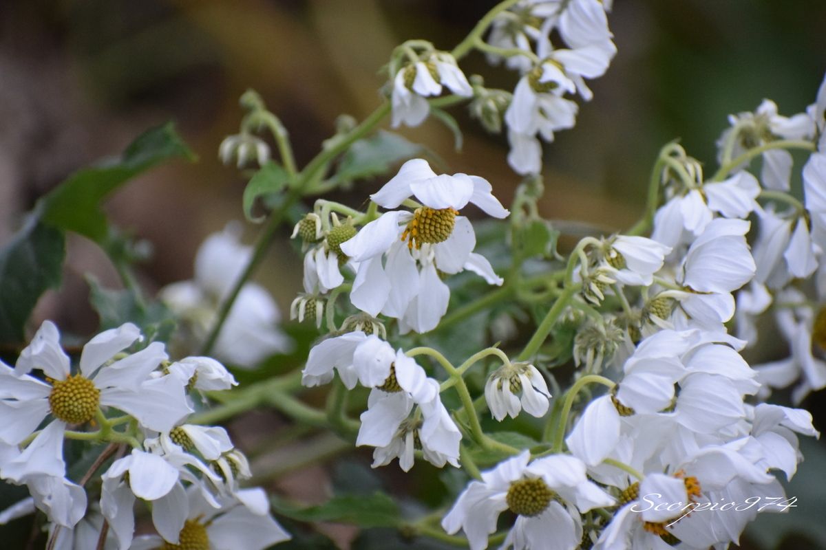 Nature, Nature 974, Nature Réunion, Nature de la Réunion, Nature à la Réunion, flore, flore 974, flore Réunion, flore de la Réunion, flore à la Réunion, fleur, fleur 974, fleur Réunion, fleur de la Réunion, fleur à la Réunion, fleurs, fleurs  974, fleurs de la Réunion, fleurs à la Réunion, fleurs Réunion, fleur blanche, fleur blanche 974, fleur blanche Réunion, fleur blanche de la Réunion, fleur blanche à la Réunion, fleur blanche commune, fleur blanche commune 974, fleur blanche commune Réunion, fleur blanche commune de la Réunion, fleur blanche commune à la Réunion, fleurs communes, fleurs communes 974, fleurs communes Réunion, fleurs communes à la Réunion, fleurs communes de la Réunion, fleurs blanches communes , fleurs blanches communes  974, fleurs blanches communes  Réunion, fleurs blanches communes  de la Réunion, fleurs blanches communes  à la Réunion, espèces florales, espèces florales 974, Réunion, espèces florales de la Réunion, espèces florales à la Réunion, fleurs blanches et jaune, fleurs blanches et jaune 974, Réunion, fleurs blanches et jaune de la Réunion, fleurs blanches et jaune à la Réunion, fleurs blanches et jaunes, fleurs blanches et jaunes à la Réunion, fleurs blanches et jaunes  Réunion, fleurs blanches et jaunes 974, fleurs blanches et jaunes de la Réunion, flore Réunion, flore Réunion, flore de la Réunion, flore à la Réunion, Espèce florale, Espèce florale 974, Espèce florale Réunion, Espèce florale de la Réunion, Espèce florale  à la Réunion, adventice, adventice 974, adventice  Réunion, adventice  de la Réunion, adventice  à la Réunion, adventices, adventices 974, adventices Réunion, adventices de la Réunion, adventices à la Réunion, mauvaise herbe, mauvaise herbe 974, mauvaise herbe Réunion, mauvaise herbe de la Réunion, mauvaise herbe à la Réunion, mauvaise herbe à fleurs blanches, mauvaise herbe à fleurs blanches 974, mauvaise herbe à fleurs blanches Réunion, mauvaise herbe à fleurs blanches de la Réunion, mauvaise herbe à fleurs blanches à la Réunion, mauvaise herbe à fleur blanche, mauvaise herbe à fleur blanche 974, mauvaise herbe à fleur blanche Réunion, mauvaise herbe à fleur blanche à la Réunion, mauvaise herbe à fleur blanche de la Réunion, mauvaise herbe à fleurs blanches envahissante, mauvaise herbe à fleurs blanches envahissante 974, mauvaise herbe à fleurs blanches envahissante Réunion, mauvaise herbe à fleurs blanches envahissante de la Réunion, mauvaise herbe à fleurs blanches envahissante à la Réunion, adventice à fleur blanche,  adventice à fleur blanche 974, adventice à fleur blanche Réunion,  adventice à fleur blanche de la Réunion,  adventice à fleur blanche à la Réunion,  fleur et jaune Réunion,  fleur et jaune de la Réunion,  fleur et jaune à la Réunion,  fleur et jaune 974 communs, communs Réunion, communs 974, communs de la Réunion, communs à la Réunion, introduite, introduite 974, introduite Réunion, introduite de la Réunion, introduite à la Réunion, espèce introduite, espèce introduite 974, espèce introduite Réunion, espèce introduite de la Réunion, espèce introduite,  espèce introduite 974,  espèce introduite Réunion,  espèce introduite de la Réunion,  espèce introduite à la Réunion, introduite,  introduite 974,  introduite Réunion,  introduite de la Réunion,  introduite à la Réunion, espèce de fleur,  espèce de fleur 974, espèce de fleur Réunion, espèce de fleur de la Réunion, espèce de fleur à la Réunion, fleur introduite,  fleur introduite Réunion,  fleur introduite de la Réunion,  fleur introduite à la Réunion, espèces florales introduites, espèces florales introduites 974, espèces florales introduites Réunion, espèces florales introduites de la Réunion, espèces florales introduites à la Réunion, espèce invasive, espèce invasive 974, espèce invasive Réunion, espèce invasive de la Réunion, espèce invasive à la Réunion, espèces invasives,  espèces invasives 974, espèces invasives Réunion, espèces invasives de la Réunion, espèces invasives à la Réunion, espèces florales invasives,  espèces florales invasives Réunion,  espèces florales invasives de la Réunion,  espèces florales invasives à la Réunion,   fleur invasive, fleur invasive 974, fleur invasive Réunion, fleur invasive de la Réunion, fleur invasive à la Réunion, flore invasives,  flore invasives 974, flore invasives Réunion, flore invasives de la Réunion, flore invasives à la Réunion, espèce de fleur introduite,  espèce de fleur introduite Réunion,  espèce de fleur introduite de la Réunion,  espèce de fleur introduite à la Réunion,  espèces fleurs introduites,  espèces fleurs introduites 974,  espèces fleurs introduites Réunion,  espèces fleurs introduites de la Réunion,  espèces fleurs introduites à la Réunion,  espèces fleurs invasives, espèces fleurs invasives 974, espèces fleurs invasives Réunion, espèces fleurs invasives de la Réunion, espèces fleurs invasives à la Réunion, fleurs invasives,  fleurs invasives Réunion,  fleurs invasives de la Réunion,  fleurs invasives à la Réunion, espèce de fleurs invasive, espèce de fleurs invasive 974, espèce de fleurs invasive Réunion, espèce de fleurs invasive de la Réunion, fleurs blanches introduites 974, fleurs blanches introduites Réunion, fleurs blanches introduites de la Réunion, fleurs blanches introduites à la Réunion, fleurs blanches envahissant,  fleurs blanches envahissant 974,  fleurs blanches envahissant Réunion,  fleurs blanches envahissant de la Réunion,  fleurs blanches envahissant à la Réunion, fleurs blanches et et jaune, fleurs envahissant 974, fleurs envahissant Réunion, fleurs envahissant de la Réunion, fleurs envahissant à la Réunion, fleurs nuisible,  fleurs nuisible 974, fleurs nuisible Réunion, fleurs nuisible de la Réunion, fleurs nuisible à la Réunion, flore magnifique,  flore magnifique Réunion,  flore magnifique de la Réunion,  flore magnifique à la Réunion,  fleurs nuisibles,  fleurs nuisibles 974,  fleurs nuisibles Réunion,  fleurs nuisibles de la Réunion,  fleurs nuisibles à la Réunion, fleurs blanches introduites, fleurs blanches et jaunes 974, fleurs blanches et jaunes Réunion, fleurs blanches et jaunes de la Réunion, fleurs blanches et jaunes à la Réunion, espèce florales magnifique,  espèce florales magnifique 974, espèce florales magnifique Réunion, espèce florales magnifique de la Réunion, espèce florales magnifique à la Réunion, flore magnifique,  fleur magnifique,  flore magnifique de la Réunion,  flore magnifique à la Réunion, espèce de fleur invasive, espèce de fleur invasive 974, espèce de fleur invasive Réunion, espèce de fleur invasive de la Réunion, fleurs blanches et jaune à la Réunion,  espèce de fleurs invasives, espèce de fleurs invasives 974, espèce de fleurs invasives Réunion, espèce de fleurs invasives de la Réunion, espèce de fleurs invasives à la Réunion, fleurs blanches introduites,  fleurs blanches introduites 974, fleurs blanches introduites Réunion, fleurs blanches introduites de la Réunion, fleurs blanches introduites à la Réunion, fleurs blanches invasives,  fleurs blanches invasives Réunion,  fleurs blanches invasives de la Réunion,  fleurs blanches invasives à la Réunion,  fleurs blanches introduits,  fleurs blanches introduits 974,  fleurs blanches introduits Réunion,  fleurs blanches introduits de la Réunion,  fleurs blanches introduits à la Réunion,  espèce de fleurs invasives, espèce de fleurs invasives 974, espèce de fleurs invasives Réunion, espèce de fleurs invasives de la Réunion, espèce de fleurs invasives à la Réunion, fleurs blanches nuisible ,  fleurs blanches nuisible  974, fleurs blanches nuisible  Réunion, fleurs blanches nuisible  de la Réunion, fleurs blanches nuisible  à la Réunion, fleurs blanches invasif,  fleurs blanches invasif Réunion,  fleurs blanches invasif de la Réunion,  fleurs blanches invasif à la Réunion,  fleur blanche et et jaunes,  fleur blanche et blanche 974,  fleur blanche et blanche Réunion,  fleur blanche et blanche de la Réunion, fleur blanche et blanche à la Réunion,  espèce de fleurs invasives, espèce de fleurs invasives 974, espèce de fleurs invasives Réunion, fleurs blanches, fleurs blanches 974, fleurs blanches Réunion, fleurs blanches de la Réunion,fleurs blanches à la Réunion, espèce envahissante, espèce envahissante 974, espèce envahissante Réunion, espèce envahissante de la Réunion, espèce envahissante à la Réunion, espèces envahissantes, espèces envahissantes 974, espèces envahissantes Réunion, espèces envahissantes de la Réunion, espèces envahissantes à la Réunion, espèces envahissantes de niveau 4 sur 5, espèces envahissantes de niveau 4 sur 5 974, espèces envahissantes de niveau 4 sur 5 Réunion, espèces envahissantes de niveau 4 sur 5 de la Réunion, espèces envahissantes de niveau 4 sur 5 à la Réunion, espèces envahissantes de quatre sur cinq, espèces envahissantes de quatre sur cinq 974, espèces envahissantes de quatre sur cinq Réunion, espèces envahissantes de quatre sur cinq de la Réunion, espèces envahissantes de quatre sur cinq à la Réunion, espèces envahissantes de niveau 4, espèces envahissantes de niveau 4 974, espèces envahissantes de niveau 4 Réunion, espèces envahissantes de niveau 4 de la Réunion, espèces envahissantes de niveau 4 à la Réunion, espèces envahissantes de moyen niveau niveau, espèces envahissantes de moyen niveau niveau 974, espèces envahissantes de moyen niveau niveau Réunion, espèces envahissantes de moyen niveau niveau de la Réunion, espèces envahissantes de moyen niveau niveau à la Réunion, espèces envahissantes cinq, espèces envahissantes cinq 974, espèces envahissantes cinq Réunion, espèces envahissantes cinq de la Réunion, espèces envahissantes cinq à la Réunion, espèce envahissante de niveau 4 sur 5, espèce envahissante de niveau 4 sur 5 974, espèce envahissante de niveau 4 sur 5 Réunion, espèce envahissante de niveau 4 sur 5 de la Réunion, espèce envahissante de niveau 4 sur 5 à la Réunion, espèce envahissante de quatre sur cinq, espèce envahissante de quatre sur cinq 974, espèce envahissante de quatre sur cinq Réunion, espèce envahissante de quatre sur cinq de la Réunion, espèce envahissante de quatre sur cinq à la Réunion, espèce envahissante de niveau 4, espèce envahissante de niveau 4 974, espèce envahissante de niveau 4 Réunion, espèce envahissante de niveau 4 de la Réunion, espèce envahissante de niveau 4 à la Réunion, espèce envahissante de moyen niveau niveau, espèce envahissante de moyen niveau niveau 974, espèce envahissante de moyen niveau niveau Réunion, espèce envahissante de moyen niveau niveau de la Réunion, espèce envahissante de moyen niveau niveau à la Réunion, espèce envahissante cinq, espèce envahissante cinq 974, espèce envahissante cinq Réunion, espèce envahissante cinq de la Réunion, espèce envahissante cinq à la Réunion, espèce florale envahissante de niveau 4 sur 5, espèce florale envahissante de niveau 4 sur 5 974, espèce florale envahissante de niveau 4 sur 5 Réunion, espèce florale envahissante de niveau 4 sur 5 de la Réunion, espèce florale envahissante de niveau 4 sur 5 à la Réunion, espèce florale envahissante de quatre sur cinq, espèce florale envahissante de quatre sur cinq 974, espèce florale envahissante de quatre sur cinq Réunion, espèce florale envahissante de quatre sur cinq de la Réunion, espèce florale envahissante de quatre sur cinq à la Réunion, espèce florale envahissante de niveau 4, espèce florale envahissante de niveau 4 974, espèce florale envahissante de niveau 4 Réunion, espèce florale envahissante de niveau 4 de la Réunion, espèce florale envahissante de niveau 4 à la Réunion, espèce florale envahissante de moyen niveau niveau, espèce florale envahissante de moyen niveau niveau 974, espèce florale envahissante de moyen niveau niveau Réunion, espèce florale envahissante de moyen niveau niveau de la Réunion, espèce florale envahissante de moyen niveau niveau à la Réunion, espèce florale envahissante cinq, espèce florale envahissante cinq 974, espèce florale envahissante cinq Réunion, espèce florale envahissante cinq de la Réunion, espèce florale envahissante cinq à la Réunion, espèces florales envahissantes de niveau 4 sur 5, espèces florales envahissantes de niveau 4 sur 5 974, espèces florales envahissantes de niveau 4 sur 5 Réunion, espèces florales envahissantes de niveau 4 sur 5 de la Réunion, espèces florales envahissantes de niveau 4 sur 5 à la Réunion, espèces florales envahissantes de quatre sur cinq, espèces florales envahissantes de quatre sur cinq 974, espèces florales envahissantes de quatre sur cinq Réunion, espèces florales envahissantes de quatre sur cinq de la Réunion, espèces florales envahissantes de quatre sur cinq à la Réunion, espèces florales envahissantes de niveau 4, espèces florales envahissantes de niveau 4 974, espèces florales envahissantes de niveau 4 Réunion, espèces florales envahissantes de niveau 4 de la Réunion, espèces florales envahissantes de niveau 4 à la Réunion, espèces florales envahissantes de moyen niveau niveau, espèces florales envahissantes de moyen niveau niveau 974, espèces florales envahissantes de moyen niveau niveau Réunion, espèces florales envahissantes de moyen niveau niveau de la Réunion, espèces florales envahissantes de moyen niveau niveau à la Réunion, espèces florales envahissantes cinq, espèces florales envahissantes cinq 974, espèces florales envahissantes cinq Réunion, espèces florales envahissantes cinq de la Réunion, espèces florales envahissantes cinq à la Réunion, espèces florales nuisibles de niveau 4 sur 5, espèces florales nuisibles de niveau 4 sur 5 974, espèces florales nuisibles de niveau 4 sur 5 Réunion, espèces florales nuisibles de niveau 4 sur 5 de la Réunion, espèces florales nuisibles de niveau 4 sur 5 à la Réunion, espèces florales nuisibles de quatre sur cinq, espèces florales nuisibles de quatre sur cinq 974, espèces florales nuisibles de quatre sur cinq Réunion, espèces florales nuisibles de quatre sur cinq de la Réunion, espèces florales nuisibles de quatre sur cinq à la Réunion, espèces florales nuisibles de niveau 4, espèces florales nuisibles de niveau 4 974, espèces florales nuisibles de niveau 4 Réunion, espèces florales nuisibles de niveau 4 de la Réunion, espèces florales nuisibles de niveau 4 à la Réunion, espèces florales nuisibles de moyen niveau niveau, espèces florales nuisibles de moyen niveau niveau 974, espèces florales nuisibles de moyen niveau niveau Réunion, espèces florales nuisibles de moyen niveau niveau de la Réunion, espèces florales nuisibles de moyen niveau niveau à la Réunion, espèces florales nuisibles cinq, espèces florales nuisibles cinq 974, espèces florales nuisibles cinq Réunion, espèces florales nuisibles cinq de la Réunion, espèces florales nuisibles cinq à la Réunion, espèce florale nuisible de niveau 4 sur 5, espèce florale nuisible de niveau 4 sur 5 974, espèce florale nuisible de niveau 4 sur 5 Réunion, espèce florale nuisible de niveau 4 sur 5 de la Réunion, espèce florale nuisible de niveau 4 sur 5 à la Réunion, espèce florale nuisible de quatre sur cinq, espèce florale nuisible de quatre sur cinq 974, espèce florale nuisible de quatre sur cinq Réunion, espèce florale nuisible de quatre sur cinq de la Réunion, espèce florale nuisible de quatre sur cinq à la Réunion, espèce florale nuisible de niveau 4, espèce florale nuisible de niveau 4 974, espèce florale nuisible de niveau 4 Réunion, espèce florale nuisible de niveau 4 de la Réunion, espèce florale nuisible de niveau 4 à la Réunion, espèce florale nuisible de moyen niveau niveau, espèce florale nuisible de moyen niveau niveau 974, espèce florale nuisible de moyen niveau niveau Réunion, espèce florale nuisible de moyen niveau niveau de la Réunion, espèce florale nuisible de moyen niveau niveau à la Réunion, espèce florale nuisible cinq, espèce florale nuisible cinq 974, espèce florale nuisible cinq Réunion, espèce florale nuisible cinq de la Réunion, espèce florale nuisible cinq à la Réunion, nuisible, nuisible 974, nuisible Réunion, nuisible de la Réunion, nuisible à la Réunion, nuisibles, nuisibles 974, nuisibles Réunion, nuisibles de la Réunion, nuisibles à la Réunion, espèce nuisible, espèce nuisible 974, espèce nuisible Réunion, espèce nuisible de la Réunion, espèce nuisible à la Réunion, espèces nuisibles, espèces nuisibles 974, espèces nuisibles Réunion, espèces nuisibles de la Réunion, espèces nuisibles à la Réunion, fleurs et jaunes introduites,  fleurs et jaunes introduites 974, fleurs et jaunes introduites Réunion, fleurs et jaunes introduites de la Réunion, fleurs et jaunes introduites à la Réunion, fleurs et jaunes invasives,  fleurs et jaunes invasives Réunion,  fleurs et jaunes invasives de la Réunion,  fleurs et jaunes invasives à la Réunion,  fleurs et jaunes introduits,  fleurs et jaunes introduits 974,  fleurs et jaunes introduits Réunion,  fleurs et jaunes introduits de la Réunion,  fleurs et jaunes introduits à la Réunion,  espèce de fleurs invasives, espèce de fleurs invasives 974, espèce de fleurs invasives Réunion, espèce de fleurs invasives de la Réunion, espèce de fleurs invasives à la Réunion, fleurs et jaunes nuisible ,  fleurs et jaunes nuisible  974, fleurs et jaunes nuisible  Réunion, fleurs et jaunes nuisible  de la Réunion, fleurs et jaunes nuisible  à la Réunion, fleurs et jaunes invasif,  fleurs et jaunes invasif Réunion,  fleurs et jaunes invasif de la Réunion,  fleurs et jaunes invasif à la Réunion,  fleur et jaune et et jaunes,  fleur et jaune et et jaune 974,  fleur et jaune et et jaune Réunion,  fleur et jaune et et jaune de la Réunion, fleur et jaune et et jaune à la Réunion,  espèce de fleurs invasives, espèce de fleurs invasives 974, espèce de fleurs invasives Réunion, fleurs et jaunes, fleurs et jaunes 974, fleurs et jaunes Réunion, fleurs et jaunes de la Réunion,fleurs et jaunes à la Réunion,  fleurs et jaunes introduites 974, fleurs et jaunes introduites Réunion, fleurs et jaunes introduites de la Réunion, fleurs et jaunes introduites à la Réunion, fleurs et jaunes envahissant,  fleurs et jaunes envahissant 974,  fleurs et jaunes envahissant Réunion,  fleurs et jaunes envahissant de la Réunion,  fleurs et jaunes envahissant à la Réunion, fleurs et jaunes, mauvaise herbe à fleurs et jaunes, mauvaise herbe à fleurs et jaunes 974, mauvaise herbe à fleurs et jaunes Réunion, mauvaise herbe à fleurs et jaunes de la Réunion, mauvaise herbe à fleurs et jaunes à la Réunion, mauvaise herbe à fleur et jaune, mauvaise herbe à fleur et jaune 974, mauvaise herbe à fleur et jaune Réunion, mauvaise herbe à fleur et jaune à la Réunion, mauvaise herbe à fleur et jaune de la Réunion, mauvaise herbe à fleurs et jaunes envahissante, mauvaise herbe à fleurs et jaunes envahissante 974, mauvaise herbe à fleurs et jaunes envahissante Réunion, mauvaise herbe à fleurs et jaunes envahissante de la Réunion, mauvaise herbe à fleurs et jaunes envahissante à la Réunion, adventice à fleur et jaune,  adventice à fleur et jaune 974,  adventice à fleur et jaune Réunion,  adventice à fleur et jaune de la Réunion,  adventice à fleur et jaune à la Réunion, fleur et jaune, fleur et jaune 974, fleur et jaune Réunion, fleur et jaune de la Réunion, fleur et jaune à la Réunion, fleur et jaune commune, fleur et jaune commune 974, fleur et jaune commune Réunion, fleur et jaune commune de la Réunion, fleur et jaune commune à la Réunion, fleurs communes, fleurs communes 974, fleurs communes Réunion, fleurs communes à la Réunion, fleurs communes de la Réunion, fleurs et jaunes communes , fleurs et jaunes communes  974, fleurs et jaunes communes  Réunion, fleurs et jaunes communes  de la Réunion, fleurs et jaunes communes  à la Réunion, espèces florales, espèces florales 974, Réunion, espèces florales de la Réunion, espèces florales à la Réunion, fleurs et jaunes et jaune, fleurs et jaunes et jaune 974, Réunion, fleurs et jaunes et jaune de la Réunion, fleurs et jaunes et jaune à la Réunion, fleurs et jaunes et jaunes, fleurs et jaunes et jaunes à la Réunion, fleurs et jaunes et jaunes  Réunion, fleurs et jaunes et jaunes 974, fleurs et jaunes et jaunes de la Réunion, Asteraceae, Asteraceae 974,  Asteraceae Réunion,  Asteraceae de la Réunion,  Asteraceae à la Réunion, Asterales,  Asterales 974,  Asterales Réunion,  Asterales à la Réunion,  Asterales de la Réunion, Montanoa hibiscifolia (Benth., 1853),  Montanoa hibiscifolia (Benth., 1853) 974,  Montanoa hibiscifolia (Benth., 1853) Réunion,  Montanoa hibiscifolia (Benth., 1853) de la Réunion,  Montanoa hibiscifolia (Benth., 1853) à la Réunion,  Montanoa hibiscifolia Benth. 1853,  Montanoa hibiscifolia Benth. 1853 974,  Montanoa hibiscifolia Benth. 1853 Réunion,  Montanoa hibiscifolia Benth. 1853 de la Réunion,  Montanoa hibiscifolia Benth. 1853 À la Réunion, Montanoa hibiscifolia Benth.,  Montanoa hibiscifolia Benth. 974,  Montanoa hibiscifolia Benth. Réunion,  Montanoa hibiscifolia Benth. de la Réunion,  Montanoa hibiscifolia Benth. à la Réunion,  Montanoa hibiscifolia Benth,  Montanoa hibiscifolia Benth 974,  Montanoa hibiscifolia Benth Réunion,  Montanoa hibiscifolia Benth de la Réunion,  Montanoa hibiscifolia Benth à la Réunion,  Montanoa, Montanoa 974, Montanoa Réunion, Montanoa à la Réunion, Montanoa de la Réunion, Montanoa hibiscifolia,  Montanoa hibiscifolia 974,  Montanoa hibiscifolia Réunion,  Montanoa hibiscifolia de la Réunion,  Montanoa hibiscifolia à la Réunion, Marguerite de mai, Marguerite de mai 974, Marguerite de mai Réunion, Marguerite de mai De la Réunion, Marguerite de mai À la Réunion, Bush daisy, Anzac flower, Montanoa, Treedaisy, 