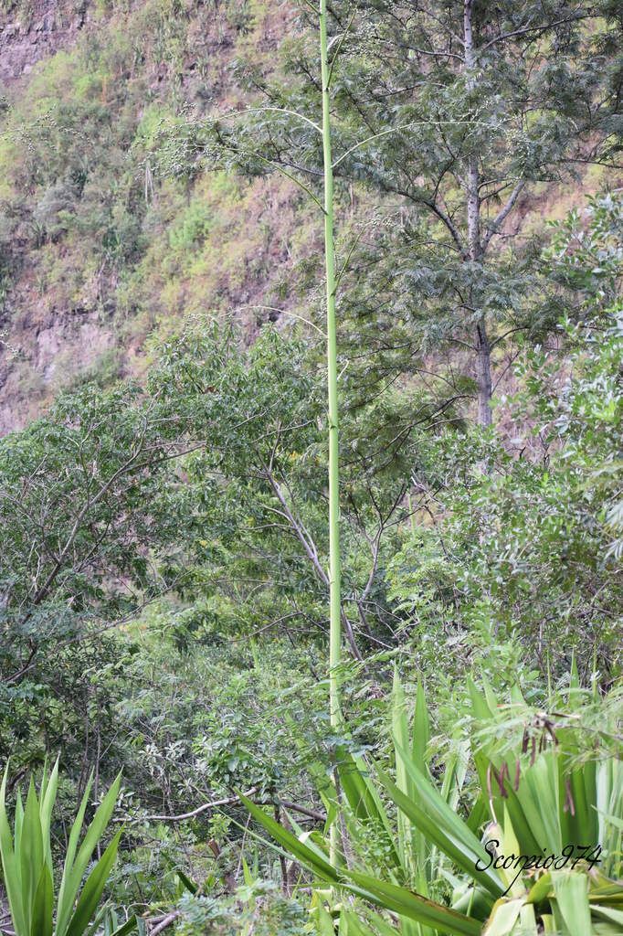 Nature, Nature 974, Nature Réunion, Nature de la Réunion, Nature à la Réunion, flore, flore 974, flore Réunion, flore de la Réunion, flore à la Réunion, flore Réunion, flore Réunion, flore de la Réunion, flore à la Réunion, communs, communs Réunion, communs 974, communs de la Réunion, communs à la Réunion, introduite, introduite 974, introduite Réunion, introduite de la Réunion, introduite à la Réunion, espèce introduite, espèce introduite 974, espèce introduite Réunion, espèce introduite de la Réunion, espèce introduite,  espèce introduite 974,  espèce introduite Réunion,  espèce introduite de la Réunion,  espèce introduite à la Réunion, introduite,  introduite 974,  introduite Réunion,  introduite de la Réunion,  introduite à la Réunion,espèce envahissante de niveau 5, espèce envahissante de niveau 5 974, espèce envahissante de niveau 5 Réunion, espèce envahissante de niveau 5 de la Réunion, espèce envahissante de niveau 5 à la Réunion, espèce envahissante de haut niveau, espèce envahissante de haut niveau 974, espèce envahissante de haut niveau Réunion, espèce envahissante de haut niveau de la Réunion, espèce envahissante de haut niveau à la Réunion, espèce envahissante cinq, espèce envahissante cinq 974, espèce envahissante cinq Réunion, espèce envahissante cinq de la Réunion, espèce envahissante cinq à la Réunion, espèce florale envahissante de niveau 5 sur 5, espèce florale envahissante de niveau 5 sur 5 974, espèce florale envahissante de niveau 5 sur 5 Réunion, espèce florale envahissante de niveau 5 sur 5 de la Réunion, espèce florale envahissante de niveau 5 sur 5 à la Réunion, espèce florale envahissante de cinq sur cinq, espèce florale envahissante de cinq sur cinq 974, espèce florale envahissante de cinq sur cinq Réunion, espèce florale envahissante de cinq sur cinq de la Réunion, espèce florale envahissante de cinq sur cinq à la Réunion, espèce florale envahissante de niveau 5, espèce florale envahissante de niveau 5 974, espèce florale envahissante de niveau 5 Réunion, espèce florale envahissante de niveau 5 de la Réunion, espèce florale envahissante de niveau 5 à la Réunion, espèce florale envahissante de haut niveau, espèce florale envahissante de haut niveau 974, espèce florale envahissante de haut niveau Réunion, espèce florale envahissante de haut niveau de la Réunion, espèce florale envahissante de haut niveau à la Réunion, espèce florale envahissante cinq, espèce florale envahissante cinq 974, espèce florale envahissante cinq Réunion, espèce florale envahissante cinq de la Réunion, espèce florale envahissante cinq à la Réunion, espèces produisant des bulbilles envahissantes de niveau 5 sur 5, espèces produisant des bulbilles envahissantes de niveau 5 sur 5 974, espèces produisant des bulbilles envahissantes de niveau 5 sur 5 Réunion, espèces produisant des bulbilles envahissantes de niveau 5 sur 5 de la Réunion, espèces produisant des bulbilles envahissantes de niveau 5 sur 5 à la Réunion, espèces produisant des bulbilles envahissantes de cinq sur cinq, espèces produisant des bulbilles envahissantes de cinq sur cinq 974, espèces produisant des bulbilles envahissantes de cinq sur cinq Réunion, espèces produisant des bulbilles envahissantes de cinq sur cinq de la Réunion, espèces produisant des bulbilles envahissantes de cinq sur cinq à la Réunion, espèces produisant des bulbilles envahissantes de niveau 5, espèces produisant des bulbilles envahissantes de niveau 5 974, espèces produisant des bulbilles envahissantes de niveau 5 Réunion, espèces produisant des bulbilles envahissantes de niveau 5 de la Réunion, espèces produisant des bulbilles envahissantes de niveau 5 à la Réunion, espèces produisant des bulbilles envahissantes de haut niveau, espèces produisant des bulbilles envahissantes de haut niveau 974, espèces produisant des bulbilles envahissantes de haut niveau Réunion, espèces produisant des bulbilles envahissantes de haut niveau de la Réunion, espèces produisant des bulbilles envahissantes de haut niveau à la Réunion, espèces produisant des bulbilles envahissantes cinq, espèces produisant des bulbilles envahissantes cinq 974, espèces produisant des bulbilles envahissantes cinq Réunion, espèces produisant des bulbilles envahissantes cinq de la Réunion, espèces produisant des bulbilles envahissantes cinq à la Réunion, espèces produisant des bulbilles envahissantes de niveau 5 sur 5, espèces produisant des bulbilles envahissantes de niveau 5 sur 5 974, espèces produisant des bulbilles envahissantes de niveau 5 sur 5 Réunion, espèces produisant des bulbilles envahissantes de niveau 5 sur 5 de la Réunion, espèces produisant des bulbilles envahissantes de niveau 5 sur 5 à la Réunion, espèces produisant des bulbilles envahissantes de cinq sur cinq, espèces produisant des bulbilles envahissantes de cinq sur cinq 974, espèces produisant des bulbilles envahissantes de cinq sur cinq Réunion, espèces produisant des bulbilles envahissantes de cinq sur cinq de la Réunion, espèces produisant des bulbilles envahissantes de cinq sur cinq à la Réunion, espèces produisant des bulbilles envahissantes de haut niveau, espèces produisant des bulbilles envahissantes de haut niveau 974, espèces produisant des bulbilles envahissantes de haut niveau Réunion, espèces produisant des bulbilles envahissantes de haut niveau de la Réunion, espèces produisant des bulbilles envahissantes de haut niveau à la Réunion, espèces produisant des bulbilles envahissantes cinq, espèces produisant des bulbilles envahissantes cinq 974, espèces produisant des bulbilles envahissantes cinq Réunion, espèces produisant des bulbilles envahissantes cinq de la Réunion, espèces produisant des bulbilles envahissantes cinq à la Réunion, espèce florale envahissantes de niveau 5 sur 5, espèce florale envahissantes de niveau 5 sur 5 974, espèce florale envahissantes de niveau 5 sur 5 Réunion, espèce florale envahissantes de niveau 5 sur 5 de la Réunion, espèce florale envahissantes de niveau 5 sur 5 à la Réunion, espèce florale envahissantes de cinq sur cinq, espèce florale envahissantes de cinq sur cinq 974, espèce florale envahissantes de cinq sur cinq Réunion, espèce florale envahissantes de cinq sur cinq de la Réunion, espèce florale envahissantes de cinq sur cinq à la Réunion, espèce florale envahissantes de niveau 5, espèce florale envahissantes de niveau 5 974, espèce florale envahissantes de niveau 5 Réunion, espèce florale envahissantes de niveau 5 de la Réunion, espèce florale envahissantes de niveau 5 à la Réunion, espèce florale envahissantes de haut niveau, espèce florale envahissantes de haut niveau 974, espèce florale envahissantes de haut niveau Réunion, espèce florale envahissantes de haut niveau de la Réunion, espèce florale envahissantes de haut niveau à la Réunion, espèce florale envahissantes cinq, espèce florale envahissantes cinq 974, espèce florale envahissantes cinq Réunion, espèce florale envahissantes cinq de la Réunion, espèce florale envahissantes cinq à la Réunion, envahissantes, envahissantes 974, envahissantes Réunion, envahissantes de la Réunion, envahissantes à la Réunion, envahissantes, envahissantes 974, envahissantes Réunion, envahissantes de la Réunion, envahissantes à la Réunion, espèce envahissantes, espèce envahissantes 974, espèce envahissantes Réunion, espèce envahissantes de la Réunion, espèce envahissantes à la Réunion, espèces à bulbilles envahissantes, espèces à bulbilles envahissantes 974, espèces à bulbilles envahissantes Réunion, espèces à bulbilles envahissantes de la Réunion, espèces à bulbilles envahissantes à la Réunion, bulbilles vertes introduites,  bulbilles vertes introduites 974, bulbilles vertes introduites Réunion, bulbilles vertes introduites de la Réunion, bulbilles vertes introduites à la Réunion, bulbilles vertes venant d'un arbre,  bulbilles vertes venant d'un arbre Réunion,  bulbilles vertes venant d'un arbre de la Réunion,  bulbilles vertes venant d'un arbre à la Réunion,  bulbilles vertes introduites,  bulbilles vertes introduites 974,  bulbilles vertes introduites Réunion,  bulbilles vertes introduites de la Réunion,  bulbilles vertes introduites à la Réunion,  espèce de bulbilles venant d'un arbre, espèce de bulbilles venant d'un arbre 974, espèce de bulbilles venant d'un arbre Réunion, espèce de bulbilles venant d'un arbre de la Réunion, espèce de bulbilles venant d'un arbre à la Réunion, bulbilles vertes envahissantes ,  bulbilles vertes envahissantes  974, bulbilles vertes envahissantes  Réunion, bulbilles vertes envahissantes  de la Réunion, bulbilles vertes envahissantes  à la Réunion, bulbilles vertes invasif,  bulbilles vertes invasif Réunion,  bulbilles vertes invasif de la Réunion,  bulbilles vertes invasif à la Réunion,  espèce de bulbilles venant d'un arbre, espèce de bulbilles venant d'un arbre 974, espèce de bulbilles venant d'un arbre Réunion, bulbilles vertes, bulbilles vertes 974, bulbilles vertes Réunion, bulbilles vertes de la Réunion,bulbilles vertes à la Réunion,  bulbilles vertes introduites 974, bulbilles vertes introduites Réunion, bulbilles vertes introduites de la Réunion, bulbilles vertes introduites à la Réunion, bulbilles vertes envahissant,  bulbilles vertes envahissant 974,  bulbilles vertes envahissant Réunion,  bulbilles vertes envahissant de la Réunion,  bulbilles vertes envahissant à la Réunion, bulbilles vertes, petite bulbilles vertes, petite bulbilles vertes 974, petite bulbilles vertes Réunion, petite bulbilles vertes de la Réunion, petite bulbilles vertes à la Réunion, petite bulbille utilisée en cuisine, petite bulbille utilisée en cuisine 974, petite bulbille utilisée en cuisine Réunion, petite bulbille utilisée en cuisine à la Réunion, petite bulbille utilisée en cuisine de la Réunion, petite bulbilles vertes envahissante, petite bulbilles vertes envahissante 974, petite bulbilles vertes envahissante Réunion, petite bulbilles vertes envahissante de la Réunion, petite bulbilles vertes envahissante à la Réunion, adventice à bulbille utilisée en cuisine,  adventice à bulbille utilisée en cuisine 974,  adventice à bulbille utilisée en cuisine Réunion,  adventice à bulbille utilisée en cuisine de la Réunion,  adventice à bulbille utilisée en cuisine à la Réunion, bulbille utilisée en cuisine, bulbille utilisée en cuisine 974, bulbille utilisée en cuisine Réunion, bulbille utilisée en cuisine de la Réunion, bulbille utilisée en cuisine à la Réunion, bulbille utilisée en cuisine commune, bulbille utilisée en cuisine commune 974, bulbille utilisée en cuisine commune Réunion, bulbille utilisée en cuisine commune de la Réunion, bulbille utilisée en cuisine commune à la Réunion, bulbilles communes, bulbilles communes 974, bulbilles communes Réunion, bulbilles communes à la Réunion, bulbilles communes de la Réunion, bulbilles vertes communes , bulbilles vertes communes  974, bulbilles vertes communes  Réunion, bulbilles vertes communes  de la Réunion, bulbilles vertes communes  à la Réunion, espèces produisant des bulbilles, espèces produisant des bulbilles 974, Réunion, espèces produisant des bulbilles de la Réunion, espèces produisant des bulbilles à la Réunion, bulbilles vertes en verticille, bulbilles vertes en verticille 974, Réunion, bulbilles vertes en verticille de la Réunion, bulbilles vertes en verticille à la Réunion, bulbilles vertes sphérique, bulbilles vertes sphérique à la Réunion, bulbilles vertes sphérique  Réunion, bulbilles vertes sphérique 974, bulbilles vertes sphérique de la Réunion, bulbilles vertes venant d'un Aloes,  bulbilles vertes venant d'un Aloes Réunion,  bulbilles vertes venant d'un Aloes de la Réunion,  bulbilles vertes venant d'un Aloes à la Réunion,  bulbilles vertes introduites,  bulbilles vertes introduites 974,  bulbilles vertes introduites Réunion,  bulbilles vertes introduites de la Réunion,  bulbilles vertes introduites à la Réunion,  espèce de bulbilles venant d'un Aloes, espèce de bulbilles venant d'un Aloes 974, espèce de bulbilles venant d'un Aloes Réunion, espèce de bulbilles venant d'un Aloes de la Réunion, espèce de bulbilles venant d'un Aloes à la Réunion, bulbilles vertes venant d'un Aloes,  bulbilles vertes venant d'un Aloes Réunion,  bulbilles vertes venant d'un Aloes de la Réunion,  bulbilles vertes venant d'un Aloes à la Réunion, espèce de bulbilles venant d'un Aloes, espèce de bulbilles venant d'un Aloes 974, espèce de bulbilles venant d'un Aloes Réunion, espèce de bulbilles venant d'un Aloes de la Réunion, espèce de bulbilles venant d'un Aloes à la Réunion, Aloes à bulbille utilisée en cuisine,  Aloes à bulbille utilisée en cuisine 974,  Aloes à bulbille utilisée en cuisine Réunion,  Aloes à bulbille utilisée en cuisine de la Réunion,  Aloes à bulbille utilisée en cuisine à la Réunion,    Asparagaceae,  Asparagaceae 974,  Asparagaceae Réunion,  Asparagaceae de la Réunion,  Asparagaceae à la Réunion, Asparagales,  Asparagales 974,  Asparagales Réunion,  Asparagales à la Réunion,  Asparagales de la Réunion, Furcraea foetida (L.) (Haw., 1812),  Furcraea foetida (L.) (Haw., 1812) 974,  Furcraea foetida (L.) (Haw., 1812) Réunion,  Furcraea foetida (L.) (Haw., 1812) de la Réunion,  Furcraea foetida (L.) (Haw., 1812) à la Réunion,  Furcraea foetida (L.) Haw. 1812,  Furcraea foetida (L.) Haw. 1812 974,  Furcraea foetida (L.) Haw. 1812 Réunion,  Furcraea foetida (L.) Haw. 1812 de la Réunion,  Furcraea foetida (L.) Haw. 1812 À la Réunion, Furcraea foetida (L.) Haw.,  Furcraea foetida (L.) Haw. 974,  Furcraea foetida (L.) Haw. Réunion,  Furcraea foetida (L.) Haw. de la Réunion,  Furcraea foetida (L.) Haw. à la Réunion, Furcraea foetida (L.) Haw, Furcraea foetida (L.) Haw 974, Furcraea foetida (L.) Haw Réunion, Furcraea foetida (L.) Haw de la Réunion,  Furcraea foetida (L.) Haw à la Réunion, Furcraea foetida (L.), Furcraea foetida (L.)974, Furcraea foetida (L.) Réunion, Furcraea foetida (L.) à la Réunion, Furcraea foetida (L.) de la Réunion, Furcraea foetida L., Furcraea foetida L. 974, Furcraea foetida L. Réunion, Furcraea foetida L. de la Réunion, Furcraea foetida L.à la Réunion, Furcraea foetida L, Furcraea foetida L 974, Furcraea foetida L Réunion, Furcraea foetida L de la Réunion, Furcraea foetida L à la Réunion, Furcraea foetida , Furcraea foetida  974, Furcraea foetida  de la Réunion, Furcraea foetida Réunion, Furcraea foetida  à la Réunion, Furcraea , Furcraea 974, Furcraea Réunion, Furcraea de la Réunion, Furcraea à la Réunion, Agave foetida (L., 1753),  Agave foetida (L., 1753) 974,  Agave foetida (L., 1753) Réunion,  Agave foetida (L., 1753) de la Réunion,  Agave foetida (L., 1753) à la Réunion, Agave foetida L. 1753,  Agave foetida L. 1753 974, Agave foetida L. 1753 Réunion, Agave foetida L. 1753 de la Réunion, Agave foetida L. 1753 à la Réunion,  Agave foetida L.,  Agave foetida L. 974,  Agave foetida L. Réunion,  Agave foetida L. de la Réunion,  Agave foetida L. à la Réunion,  Lamium,  Lamium Réunion,  Lamium de la Réunion,  Lamium à la Réunion,  Lamium 974, Agave foetida L, Agave foetida L 974, Agave foetida L Réunion, Agave foetida L de la Réunion, Agave foetida L à la Réunion, Agave foetida,  Agave foetida 974,  Agave foetida Réunion,  Agave foetida de la Réunion,  Agave foetida à la Réunion, Agave gigantea (Vent.) D.Dietr. 1840,  Agave gigantea (Vent.) D.Dietr. 1840 974,  Agave gigantea (Vent.) D.Dietr. 1840 Réunion,  Agave gigantea (Vent.) D.Dietr. 1840 de la Réunion,  Agave gigantea (Vent.) D.Dietr. 1840 à la Réunion, Agave gigantea (Vent.) (D.Dietr., 1840), Agave gigantea (Vent.) (D.Dietr., 1840) Réunion, Agave gigantea (Vent.) (D.Dietr., 1840) 974, Agave gigantea (Vent.) (D.Dietr., 1840) de la Réunion, Agave gigantea (Vent.) (D.Dietr., 1840) à la Réunion, Agave gigantea (Vent.) (D.Dietr., 1840), Agave gigantea (Vent.) (D.Dietr., 1840) de la Réunion, Agave gigantea (Vent.) (D.Dietr., 1840) à la Réunion, Furcraea gigantea (Vent., 1793), Furcraea gigantea (Vent., 1793) 974, Furcraea gigantea (Vent., 1793) Réunion, Furcraea gigantea (Vent., 1793) de la Réunion, Furcraea gigantea (Vent., 1793) à la Réunion, Furcraea gigantea Vent. 1793 ,  Furcraea gigantea Vent. 1793  974, Furcraea gigantea Vent. 1793  Réunion, Furcraea gigantea Vent. 1793  de la Réunion, Furcraea gigantea Vent. 1793  à la Réunion, Furcraea,  Furcraea 974,  Furcraea Réunion,  Furcraea de la Réunion,  Furcraea à la Réunion, Furcraea gigantea, Furcraea gigantea 974, Furcraea gigantea Réunion, Furcraea gigantea De la Réunion, Furcraea gigantea À la Réunion, Furcraea gigantea Vent,  Furcraea gigantea Vent 974, Furcraea gigantea Vent Réunion, Furcraea gigantea Vent de la Réunion, Furcraea gigantea Vent à la Réunion, Furcraea gigantea var. willemetiana Roem.,  Furcraea gigantea var. willemetiana Roem. 974, Furcraea gigantea var. willemetiana Roem. Réunion,  Furcraea gigantea var. willemetiana Roem. de la Réunion,  Furcraea gigantea var. willemetiana Roem. à la Réunion,  Furcraea gigantea var. willemetiana,  Furcraea gigantea var. willemetiana 974,  Furcraea gigantea var. willemetiana Réunion,  Furcraea gigantea var. willemetiana de la Réunion,  Furcraea gigantea var. willemetiana à la Réunion, Furcraea gigantea var., Furcraea gigantea var. 974, Furcraea gigantea var. Réunion, Furcraea gigantea var. de la Réunion, Furcraea gigantea var. à la Réunion, Furcraea foetida var. foetida (L.) Haw., Furcraea foetida var. foetida (L.) Haw. 974, Furcraea foetida var. foetida (L.) Haw. Réunion, Furcraea foetida var. foetida (L.) Haw. De la Réunion, Furcraea foetida var. foetida (L.) Haw. var. foetida (L.) (Haw., 1812) 974,  Furcraea foetida var. foetida (L.) Haw. var. foetida (L.) (Haw., 1812) Réunion,  Furcraea foetida var. foetida (L.) Haw. var. foetida (L.) (Haw., 1812) de la Réunion,  Furcraea foetida var. foetida (L.) Haw. var. foetida (L.) (Haw., 1812) à la Réunion, Furcraea foetida var. foetida (L.) Haw. 1812,  Furcraea foetida var. foetida (L.) Haw. 1812 974,  Furcraea foetida var. foetida (L.) Haw. var. foetida (L.) Haw. 1812 Réunion,  Furcraea foetida Haw. var. foetida (L.) Haw. 1812 de la Réunion,  Furcraea foetida var. foetida (L.) Haw. 1812 à la Réunion, Frucraea foetida var. Foetida., Frucraea foetida var. foetida974, Frucraea foetida var. Foetida Réunion, Frucraea foetida var. Foetida De la Réunion, Frucraea foetida var. Foetida À la Réunion,  Choca vert, Choca vert Réunion, Choca vert 974, Choca vert de la Réunion, Choca vert à la Réunion, Cadère, Cadère 974, Cadère Réunion, Cadère De la Réunion, Cadère A la Réunion, Choka, Choka 974, Choka Réunion, Choka de la Réunion, Choka à la Réunion, Choka vert, Choka vert 974, Choka vert Réunion, Choka vert de la Réunion, Choka vert à la Réunion,  Chanvre de Maurice, Chanvre de Maurice 974, Chanvre de Maurice Réunion, Chanvre de Maurice de la Réunion, Chanvre de Maurice à la Réunion, manira 974, manira Réunion, manira de la Réunion, manira à la Réunion,  manira, Aloès malgache,  Aloès malgache 974,  Aloès malgache Réunion,  Aloès malgache de la Réunion,  Aloès malgache à la Réunion, Aloès créole, Aloès créole  974, Aloès créole  de la Réunion, Aloès créole  à la Réunion, Aloès créole Réunion, Sisal,  Sisal 974,  Sisal Réunion,  Sisal de la Réunion,  Sisal à la Réunion, Mauritius hemp, Faux aloès, Faux aloès 974, Faux aloès Réunion, Faux aloès de la Réunion, Faux aloès à la Réunion,  Agave, Agave 974, Réunion, Agave de la Réunion, Agave à la Réunion, Kitani, Kitani à la Réunion, Kitani  Réunion, Kitani 974, Kitani de la Réunion, 