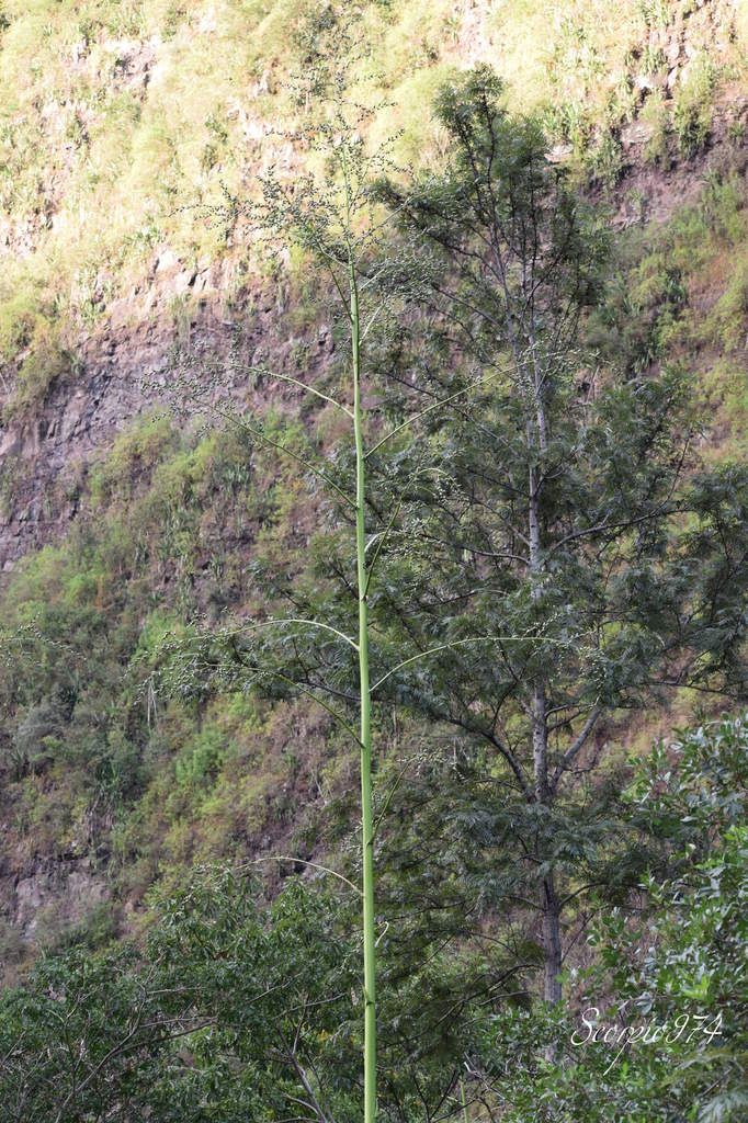 Nature, Nature 974, Nature Réunion, Nature de la Réunion, Nature à la Réunion, flore, flore 974, flore Réunion, flore de la Réunion, flore à la Réunion, flore Réunion, flore Réunion, flore de la Réunion, flore à la Réunion, communs, communs Réunion, communs 974, communs de la Réunion, communs à la Réunion, introduite, introduite 974, introduite Réunion, introduite de la Réunion, introduite à la Réunion, espèce introduite, espèce introduite 974, espèce introduite Réunion, espèce introduite de la Réunion, espèce introduite,  espèce introduite 974,  espèce introduite Réunion,  espèce introduite de la Réunion,  espèce introduite à la Réunion, introduite,  introduite 974,  introduite Réunion,  introduite de la Réunion,  introduite à la Réunion,espèce envahissante de niveau 5, espèce envahissante de niveau 5 974, espèce envahissante de niveau 5 Réunion, espèce envahissante de niveau 5 de la Réunion, espèce envahissante de niveau 5 à la Réunion, espèce envahissante de haut niveau, espèce envahissante de haut niveau 974, espèce envahissante de haut niveau Réunion, espèce envahissante de haut niveau de la Réunion, espèce envahissante de haut niveau à la Réunion, espèce envahissante cinq, espèce envahissante cinq 974, espèce envahissante cinq Réunion, espèce envahissante cinq de la Réunion, espèce envahissante cinq à la Réunion, espèce florale envahissante de niveau 5 sur 5, espèce florale envahissante de niveau 5 sur 5 974, espèce florale envahissante de niveau 5 sur 5 Réunion, espèce florale envahissante de niveau 5 sur 5 de la Réunion, espèce florale envahissante de niveau 5 sur 5 à la Réunion, espèce florale envahissante de cinq sur cinq, espèce florale envahissante de cinq sur cinq 974, espèce florale envahissante de cinq sur cinq Réunion, espèce florale envahissante de cinq sur cinq de la Réunion, espèce florale envahissante de cinq sur cinq à la Réunion, espèce florale envahissante de niveau 5, espèce florale envahissante de niveau 5 974, espèce florale envahissante de niveau 5 Réunion, espèce florale envahissante de niveau 5 de la Réunion, espèce florale envahissante de niveau 5 à la Réunion, espèce florale envahissante de haut niveau, espèce florale envahissante de haut niveau 974, espèce florale envahissante de haut niveau Réunion, espèce florale envahissante de haut niveau de la Réunion, espèce florale envahissante de haut niveau à la Réunion, espèce florale envahissante cinq, espèce florale envahissante cinq 974, espèce florale envahissante cinq Réunion, espèce florale envahissante cinq de la Réunion, espèce florale envahissante cinq à la Réunion, espèces produisant des bulbilles envahissantes de niveau 5 sur 5, espèces produisant des bulbilles envahissantes de niveau 5 sur 5 974, espèces produisant des bulbilles envahissantes de niveau 5 sur 5 Réunion, espèces produisant des bulbilles envahissantes de niveau 5 sur 5 de la Réunion, espèces produisant des bulbilles envahissantes de niveau 5 sur 5 à la Réunion, espèces produisant des bulbilles envahissantes de cinq sur cinq, espèces produisant des bulbilles envahissantes de cinq sur cinq 974, espèces produisant des bulbilles envahissantes de cinq sur cinq Réunion, espèces produisant des bulbilles envahissantes de cinq sur cinq de la Réunion, espèces produisant des bulbilles envahissantes de cinq sur cinq à la Réunion, espèces produisant des bulbilles envahissantes de niveau 5, espèces produisant des bulbilles envahissantes de niveau 5 974, espèces produisant des bulbilles envahissantes de niveau 5 Réunion, espèces produisant des bulbilles envahissantes de niveau 5 de la Réunion, espèces produisant des bulbilles envahissantes de niveau 5 à la Réunion, espèces produisant des bulbilles envahissantes de haut niveau, espèces produisant des bulbilles envahissantes de haut niveau 974, espèces produisant des bulbilles envahissantes de haut niveau Réunion, espèces produisant des bulbilles envahissantes de haut niveau de la Réunion, espèces produisant des bulbilles envahissantes de haut niveau à la Réunion, espèces produisant des bulbilles envahissantes cinq, espèces produisant des bulbilles envahissantes cinq 974, espèces produisant des bulbilles envahissantes cinq Réunion, espèces produisant des bulbilles envahissantes cinq de la Réunion, espèces produisant des bulbilles envahissantes cinq à la Réunion, espèces produisant des bulbilles envahissantes de niveau 5 sur 5, espèces produisant des bulbilles envahissantes de niveau 5 sur 5 974, espèces produisant des bulbilles envahissantes de niveau 5 sur 5 Réunion, espèces produisant des bulbilles envahissantes de niveau 5 sur 5 de la Réunion, espèces produisant des bulbilles envahissantes de niveau 5 sur 5 à la Réunion, espèces produisant des bulbilles envahissantes de cinq sur cinq, espèces produisant des bulbilles envahissantes de cinq sur cinq 974, espèces produisant des bulbilles envahissantes de cinq sur cinq Réunion, espèces produisant des bulbilles envahissantes de cinq sur cinq de la Réunion, espèces produisant des bulbilles envahissantes de cinq sur cinq à la Réunion, espèces produisant des bulbilles envahissantes de haut niveau, espèces produisant des bulbilles envahissantes de haut niveau 974, espèces produisant des bulbilles envahissantes de haut niveau Réunion, espèces produisant des bulbilles envahissantes de haut niveau de la Réunion, espèces produisant des bulbilles envahissantes de haut niveau à la Réunion, espèces produisant des bulbilles envahissantes cinq, espèces produisant des bulbilles envahissantes cinq 974, espèces produisant des bulbilles envahissantes cinq Réunion, espèces produisant des bulbilles envahissantes cinq de la Réunion, espèces produisant des bulbilles envahissantes cinq à la Réunion, espèce florale envahissantes de niveau 5 sur 5, espèce florale envahissantes de niveau 5 sur 5 974, espèce florale envahissantes de niveau 5 sur 5 Réunion, espèce florale envahissantes de niveau 5 sur 5 de la Réunion, espèce florale envahissantes de niveau 5 sur 5 à la Réunion, espèce florale envahissantes de cinq sur cinq, espèce florale envahissantes de cinq sur cinq 974, espèce florale envahissantes de cinq sur cinq Réunion, espèce florale envahissantes de cinq sur cinq de la Réunion, espèce florale envahissantes de cinq sur cinq à la Réunion, espèce florale envahissantes de niveau 5, espèce florale envahissantes de niveau 5 974, espèce florale envahissantes de niveau 5 Réunion, espèce florale envahissantes de niveau 5 de la Réunion, espèce florale envahissantes de niveau 5 à la Réunion, espèce florale envahissantes de haut niveau, espèce florale envahissantes de haut niveau 974, espèce florale envahissantes de haut niveau Réunion, espèce florale envahissantes de haut niveau de la Réunion, espèce florale envahissantes de haut niveau à la Réunion, espèce florale envahissantes cinq, espèce florale envahissantes cinq 974, espèce florale envahissantes cinq Réunion, espèce florale envahissantes cinq de la Réunion, espèce florale envahissantes cinq à la Réunion, envahissantes, envahissantes 974, envahissantes Réunion, envahissantes de la Réunion, envahissantes à la Réunion, envahissantes, envahissantes 974, envahissantes Réunion, envahissantes de la Réunion, envahissantes à la Réunion, espèce envahissantes, espèce envahissantes 974, espèce envahissantes Réunion, espèce envahissantes de la Réunion, espèce envahissantes à la Réunion, espèces à bulbilles envahissantes, espèces à bulbilles envahissantes 974, espèces à bulbilles envahissantes Réunion, espèces à bulbilles envahissantes de la Réunion, espèces à bulbilles envahissantes à la Réunion, bulbilles vertes introduites,  bulbilles vertes introduites 974, bulbilles vertes introduites Réunion, bulbilles vertes introduites de la Réunion, bulbilles vertes introduites à la Réunion, bulbilles vertes venant d'un arbre,  bulbilles vertes venant d'un arbre Réunion,  bulbilles vertes venant d'un arbre de la Réunion,  bulbilles vertes venant d'un arbre à la Réunion,  bulbilles vertes introduites,  bulbilles vertes introduites 974,  bulbilles vertes introduites Réunion,  bulbilles vertes introduites de la Réunion,  bulbilles vertes introduites à la Réunion,  espèce de bulbilles venant d'un arbre, espèce de bulbilles venant d'un arbre 974, espèce de bulbilles venant d'un arbre Réunion, espèce de bulbilles venant d'un arbre de la Réunion, espèce de bulbilles venant d'un arbre à la Réunion, bulbilles vertes envahissantes ,  bulbilles vertes envahissantes  974, bulbilles vertes envahissantes  Réunion, bulbilles vertes envahissantes  de la Réunion, bulbilles vertes envahissantes  à la Réunion, bulbilles vertes invasif,  bulbilles vertes invasif Réunion,  bulbilles vertes invasif de la Réunion,  bulbilles vertes invasif à la Réunion,  espèce de bulbilles venant d'un arbre, espèce de bulbilles venant d'un arbre 974, espèce de bulbilles venant d'un arbre Réunion, bulbilles vertes, bulbilles vertes 974, bulbilles vertes Réunion, bulbilles vertes de la Réunion,bulbilles vertes à la Réunion,  bulbilles vertes introduites 974, bulbilles vertes introduites Réunion, bulbilles vertes introduites de la Réunion, bulbilles vertes introduites à la Réunion, bulbilles vertes envahissant,  bulbilles vertes envahissant 974,  bulbilles vertes envahissant Réunion,  bulbilles vertes envahissant de la Réunion,  bulbilles vertes envahissant à la Réunion, bulbilles vertes, petite bulbilles vertes, petite bulbilles vertes 974, petite bulbilles vertes Réunion, petite bulbilles vertes de la Réunion, petite bulbilles vertes à la Réunion, petite bulbille utilisée en cuisine, petite bulbille utilisée en cuisine 974, petite bulbille utilisée en cuisine Réunion, petite bulbille utilisée en cuisine à la Réunion, petite bulbille utilisée en cuisine de la Réunion, petite bulbilles vertes envahissante, petite bulbilles vertes envahissante 974, petite bulbilles vertes envahissante Réunion, petite bulbilles vertes envahissante de la Réunion, petite bulbilles vertes envahissante à la Réunion, adventice à bulbille utilisée en cuisine,  adventice à bulbille utilisée en cuisine 974,  adventice à bulbille utilisée en cuisine Réunion,  adventice à bulbille utilisée en cuisine de la Réunion,  adventice à bulbille utilisée en cuisine à la Réunion, bulbille utilisée en cuisine, bulbille utilisée en cuisine 974, bulbille utilisée en cuisine Réunion, bulbille utilisée en cuisine de la Réunion, bulbille utilisée en cuisine à la Réunion, bulbille utilisée en cuisine commune, bulbille utilisée en cuisine commune 974, bulbille utilisée en cuisine commune Réunion, bulbille utilisée en cuisine commune de la Réunion, bulbille utilisée en cuisine commune à la Réunion, bulbilles communes, bulbilles communes 974, bulbilles communes Réunion, bulbilles communes à la Réunion, bulbilles communes de la Réunion, bulbilles vertes communes , bulbilles vertes communes  974, bulbilles vertes communes  Réunion, bulbilles vertes communes  de la Réunion, bulbilles vertes communes  à la Réunion, espèces produisant des bulbilles, espèces produisant des bulbilles 974, Réunion, espèces produisant des bulbilles de la Réunion, espèces produisant des bulbilles à la Réunion, bulbilles vertes en verticille, bulbilles vertes en verticille 974, Réunion, bulbilles vertes en verticille de la Réunion, bulbilles vertes en verticille à la Réunion, bulbilles vertes sphérique, bulbilles vertes sphérique à la Réunion, bulbilles vertes sphérique  Réunion, bulbilles vertes sphérique 974, bulbilles vertes sphérique de la Réunion, bulbilles vertes venant d'un Aloes,  bulbilles vertes venant d'un Aloes Réunion,  bulbilles vertes venant d'un Aloes de la Réunion,  bulbilles vertes venant d'un Aloes à la Réunion,  bulbilles vertes introduites,  bulbilles vertes introduites 974,  bulbilles vertes introduites Réunion,  bulbilles vertes introduites de la Réunion,  bulbilles vertes introduites à la Réunion,  espèce de bulbilles venant d'un Aloes, espèce de bulbilles venant d'un Aloes 974, espèce de bulbilles venant d'un Aloes Réunion, espèce de bulbilles venant d'un Aloes de la Réunion, espèce de bulbilles venant d'un Aloes à la Réunion, bulbilles vertes venant d'un Aloes,  bulbilles vertes venant d'un Aloes Réunion,  bulbilles vertes venant d'un Aloes de la Réunion,  bulbilles vertes venant d'un Aloes à la Réunion, espèce de bulbilles venant d'un Aloes, espèce de bulbilles venant d'un Aloes 974, espèce de bulbilles venant d'un Aloes Réunion, espèce de bulbilles venant d'un Aloes de la Réunion, espèce de bulbilles venant d'un Aloes à la Réunion, Aloes à bulbille utilisée en cuisine,  Aloes à bulbille utilisée en cuisine 974,  Aloes à bulbille utilisée en cuisine Réunion,  Aloes à bulbille utilisée en cuisine de la Réunion,  Aloes à bulbille utilisée en cuisine à la Réunion,    Asparagaceae,  Asparagaceae 974,  Asparagaceae Réunion,  Asparagaceae de la Réunion,  Asparagaceae à la Réunion, Asparagales,  Asparagales 974,  Asparagales Réunion,  Asparagales à la Réunion,  Asparagales de la Réunion, Furcraea foetida (L.) (Haw., 1812),  Furcraea foetida (L.) (Haw., 1812) 974,  Furcraea foetida (L.) (Haw., 1812) Réunion,  Furcraea foetida (L.) (Haw., 1812) de la Réunion,  Furcraea foetida (L.) (Haw., 1812) à la Réunion,  Furcraea foetida (L.) Haw. 1812,  Furcraea foetida (L.) Haw. 1812 974,  Furcraea foetida (L.) Haw. 1812 Réunion,  Furcraea foetida (L.) Haw. 1812 de la Réunion,  Furcraea foetida (L.) Haw. 1812 À la Réunion, Furcraea foetida (L.) Haw.,  Furcraea foetida (L.) Haw. 974,  Furcraea foetida (L.) Haw. Réunion,  Furcraea foetida (L.) Haw. de la Réunion,  Furcraea foetida (L.) Haw. à la Réunion, Furcraea foetida (L.) Haw, Furcraea foetida (L.) Haw 974, Furcraea foetida (L.) Haw Réunion, Furcraea foetida (L.) Haw de la Réunion,  Furcraea foetida (L.) Haw à la Réunion, Furcraea foetida (L.), Furcraea foetida (L.)974, Furcraea foetida (L.) Réunion, Furcraea foetida (L.) à la Réunion, Furcraea foetida (L.) de la Réunion, Furcraea foetida L., Furcraea foetida L. 974, Furcraea foetida L. Réunion, Furcraea foetida L. de la Réunion, Furcraea foetida L.à la Réunion, Furcraea foetida L, Furcraea foetida L 974, Furcraea foetida L Réunion, Furcraea foetida L de la Réunion, Furcraea foetida L à la Réunion, Furcraea foetida , Furcraea foetida  974, Furcraea foetida  de la Réunion, Furcraea foetida Réunion, Furcraea foetida  à la Réunion, Furcraea , Furcraea 974, Furcraea Réunion, Furcraea de la Réunion, Furcraea à la Réunion, Agave foetida (L., 1753),  Agave foetida (L., 1753) 974,  Agave foetida (L., 1753) Réunion,  Agave foetida (L., 1753) de la Réunion,  Agave foetida (L., 1753) à la Réunion, Agave foetida L. 1753,  Agave foetida L. 1753 974, Agave foetida L. 1753 Réunion, Agave foetida L. 1753 de la Réunion, Agave foetida L. 1753 à la Réunion,  Agave foetida L.,  Agave foetida L. 974,  Agave foetida L. Réunion,  Agave foetida L. de la Réunion,  Agave foetida L. à la Réunion,  Lamium,  Lamium Réunion,  Lamium de la Réunion,  Lamium à la Réunion,  Lamium 974, Agave foetida L, Agave foetida L 974, Agave foetida L Réunion, Agave foetida L de la Réunion, Agave foetida L à la Réunion, Agave foetida,  Agave foetida 974,  Agave foetida Réunion,  Agave foetida de la Réunion,  Agave foetida à la Réunion, Agave gigantea (Vent.) D.Dietr. 1840,  Agave gigantea (Vent.) D.Dietr. 1840 974,  Agave gigantea (Vent.) D.Dietr. 1840 Réunion,  Agave gigantea (Vent.) D.Dietr. 1840 de la Réunion,  Agave gigantea (Vent.) D.Dietr. 1840 à la Réunion, Agave gigantea (Vent.) (D.Dietr., 1840), Agave gigantea (Vent.) (D.Dietr., 1840) Réunion, Agave gigantea (Vent.) (D.Dietr., 1840) 974, Agave gigantea (Vent.) (D.Dietr., 1840) de la Réunion, Agave gigantea (Vent.) (D.Dietr., 1840) à la Réunion, Agave gigantea (Vent.) (D.Dietr., 1840), Agave gigantea (Vent.) (D.Dietr., 1840) de la Réunion, Agave gigantea (Vent.) (D.Dietr., 1840) à la Réunion, Furcraea gigantea (Vent., 1793), Furcraea gigantea (Vent., 1793) 974, Furcraea gigantea (Vent., 1793) Réunion, Furcraea gigantea (Vent., 1793) de la Réunion, Furcraea gigantea (Vent., 1793) à la Réunion, Furcraea gigantea Vent. 1793 ,  Furcraea gigantea Vent. 1793  974, Furcraea gigantea Vent. 1793  Réunion, Furcraea gigantea Vent. 1793  de la Réunion, Furcraea gigantea Vent. 1793  à la Réunion, Furcraea,  Furcraea 974,  Furcraea Réunion,  Furcraea de la Réunion,  Furcraea à la Réunion, Furcraea gigantea, Furcraea gigantea 974, Furcraea gigantea Réunion, Furcraea gigantea De la Réunion, Furcraea gigantea À la Réunion, Furcraea gigantea Vent,  Furcraea gigantea Vent 974, Furcraea gigantea Vent Réunion, Furcraea gigantea Vent de la Réunion, Furcraea gigantea Vent à la Réunion, Furcraea gigantea var. willemetiana Roem.,  Furcraea gigantea var. willemetiana Roem. 974, Furcraea gigantea var. willemetiana Roem. Réunion,  Furcraea gigantea var. willemetiana Roem. de la Réunion,  Furcraea gigantea var. willemetiana Roem. à la Réunion,  Furcraea gigantea var. willemetiana,  Furcraea gigantea var. willemetiana 974,  Furcraea gigantea var. willemetiana Réunion,  Furcraea gigantea var. willemetiana de la Réunion,  Furcraea gigantea var. willemetiana à la Réunion, Furcraea gigantea var., Furcraea gigantea var. 974, Furcraea gigantea var. Réunion, Furcraea gigantea var. de la Réunion, Furcraea gigantea var. à la Réunion, Furcraea foetida var. foetida (L.) Haw., Furcraea foetida var. foetida (L.) Haw. 974, Furcraea foetida var. foetida (L.) Haw. Réunion, Furcraea foetida var. foetida (L.) Haw. De la Réunion, Furcraea foetida var. foetida (L.) Haw. var. foetida (L.) (Haw., 1812) 974,  Furcraea foetida var. foetida (L.) Haw. var. foetida (L.) (Haw., 1812) Réunion,  Furcraea foetida var. foetida (L.) Haw. var. foetida (L.) (Haw., 1812) de la Réunion,  Furcraea foetida var. foetida (L.) Haw. var. foetida (L.) (Haw., 1812) à la Réunion, Furcraea foetida var. foetida (L.) Haw. 1812,  Furcraea foetida var. foetida (L.) Haw. 1812 974,  Furcraea foetida var. foetida (L.) Haw. var. foetida (L.) Haw. 1812 Réunion,  Furcraea foetida Haw. var. foetida (L.) Haw. 1812 de la Réunion,  Furcraea foetida var. foetida (L.) Haw. 1812 à la Réunion, Frucraea foetida var. Foetida., Frucraea foetida var. foetida974, Frucraea foetida var. Foetida Réunion, Frucraea foetida var. Foetida De la Réunion, Frucraea foetida var. Foetida À la Réunion,  Choca vert, Choca vert Réunion, Choca vert 974, Choca vert de la Réunion, Choca vert à la Réunion, Cadère, Cadère 974, Cadère Réunion, Cadère De la Réunion, Cadère A la Réunion, Choka, Choka 974, Choka Réunion, Choka de la Réunion, Choka à la Réunion, Choka vert, Choka vert 974, Choka vert Réunion, Choka vert de la Réunion, Choka vert à la Réunion,  Chanvre de Maurice, Chanvre de Maurice 974, Chanvre de Maurice Réunion, Chanvre de Maurice de la Réunion, Chanvre de Maurice à la Réunion, manira 974, manira Réunion, manira de la Réunion, manira à la Réunion,  manira, Aloès malgache,  Aloès malgache 974,  Aloès malgache Réunion,  Aloès malgache de la Réunion,  Aloès malgache à la Réunion, Aloès créole, Aloès créole  974, Aloès créole  de la Réunion, Aloès créole  à la Réunion, Aloès créole Réunion, Sisal,  Sisal 974,  Sisal Réunion,  Sisal de la Réunion,  Sisal à la Réunion, Mauritius hemp, Faux aloès, Faux aloès 974, Faux aloès Réunion, Faux aloès de la Réunion, Faux aloès à la Réunion,  Agave, Agave 974, Réunion, Agave de la Réunion, Agave à la Réunion, Kitani, Kitani à la Réunion, Kitani  Réunion, Kitani 974, Kitani de la Réunion, 