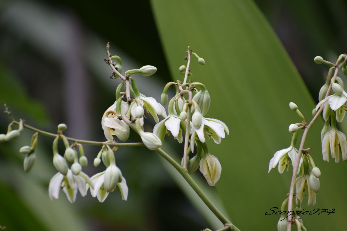 Nature, Nature 974, Nature Réunion, Nature de la Réunion, Nature à la Réunion, flore, flore 974, flore Réunion, flore de la Réunion, flore à la Réunion, flore Réunion, flore Réunion, flore de la Réunion, flore à la Réunion, communs, communs Réunion, communs 974, communs de la Réunion, communs à la Réunion, introduite, introduite 974, introduite Réunion, introduite de la Réunion, introduite à la Réunion, espèce introduite, espèce introduite 974, espèce introduite Réunion, espèce introduite de la Réunion, espèce introduite,  espèce introduite 974,  espèce introduite Réunion,  espèce introduite de la Réunion,  espèce introduite à la Réunion, introduite,  introduite 974,  introduite Réunion,  introduite de la Réunion,  introduite à la Réunion,espèce envahissante de niveau 5, espèce envahissante de niveau 5 974, espèce envahissante de niveau 5 Réunion, espèce envahissante de niveau 5 de la Réunion, espèce envahissante de niveau 5 à la Réunion, espèce envahissante de haut niveau, espèce envahissante de haut niveau 974, espèce envahissante de haut niveau Réunion, espèce envahissante de haut niveau de la Réunion, espèce envahissante de haut niveau à la Réunion, espèce envahissante cinq, espèce envahissante cinq 974, espèce envahissante cinq Réunion, espèce envahissante cinq de la Réunion, espèce envahissante cinq à la Réunion, espèce florale envahissante de niveau 5 sur 5, espèce florale envahissante de niveau 5 sur 5 974, espèce florale envahissante de niveau 5 sur 5 Réunion, espèce florale envahissante de niveau 5 sur 5 de la Réunion, espèce florale envahissante de niveau 5 sur 5 à la Réunion, espèce florale envahissante de cinq sur cinq, espèce florale envahissante de cinq sur cinq 974, espèce florale envahissante de cinq sur cinq Réunion, espèce florale envahissante de cinq sur cinq de la Réunion, espèce florale envahissante de cinq sur cinq à la Réunion, espèce florale envahissante de niveau 5, espèce florale envahissante de niveau 5 974, espèce florale envahissante de niveau 5 Réunion, espèce florale envahissante de niveau 5 de la Réunion, espèce florale envahissante de niveau 5 à la Réunion, espèce florale envahissante de haut niveau, espèce florale envahissante de haut niveau 974, espèce florale envahissante de haut niveau Réunion, espèce florale envahissante de haut niveau de la Réunion, espèce florale envahissante de haut niveau à la Réunion, espèce florale envahissante cinq, espèce florale envahissante cinq 974, espèce florale envahissante cinq Réunion, espèce florale envahissante cinq de la Réunion, espèce florale envahissante cinq à la Réunion, espèces produisant des bulbilles envahissantes de niveau 5 sur 5, espèces produisant des bulbilles envahissantes de niveau 5 sur 5 974, espèces produisant des bulbilles envahissantes de niveau 5 sur 5 Réunion, espèces produisant des bulbilles envahissantes de niveau 5 sur 5 de la Réunion, espèces produisant des bulbilles envahissantes de niveau 5 sur 5 à la Réunion, espèces produisant des bulbilles envahissantes de cinq sur cinq, espèces produisant des bulbilles envahissantes de cinq sur cinq 974, espèces produisant des bulbilles envahissantes de cinq sur cinq Réunion, espèces produisant des bulbilles envahissantes de cinq sur cinq de la Réunion, espèces produisant des bulbilles envahissantes de cinq sur cinq à la Réunion, espèces produisant des bulbilles envahissantes de niveau 5, espèces produisant des bulbilles envahissantes de niveau 5 974, espèces produisant des bulbilles envahissantes de niveau 5 Réunion, espèces produisant des bulbilles envahissantes de niveau 5 de la Réunion, espèces produisant des bulbilles envahissantes de niveau 5 à la Réunion, espèces produisant des bulbilles envahissantes de haut niveau, espèces produisant des bulbilles envahissantes de haut niveau 974, espèces produisant des bulbilles envahissantes de haut niveau Réunion, espèces produisant des bulbilles envahissantes de haut niveau de la Réunion, espèces produisant des bulbilles envahissantes de haut niveau à la Réunion, espèces produisant des bulbilles envahissantes cinq, espèces produisant des bulbilles envahissantes cinq 974, espèces produisant des bulbilles envahissantes cinq Réunion, espèces produisant des bulbilles envahissantes cinq de la Réunion, espèces produisant des bulbilles envahissantes cinq à la Réunion, espèces produisant des bulbilles envahissantes de niveau 5 sur 5, espèces produisant des bulbilles envahissantes de niveau 5 sur 5 974, espèces produisant des bulbilles envahissantes de niveau 5 sur 5 Réunion, espèces produisant des bulbilles envahissantes de niveau 5 sur 5 de la Réunion, espèces produisant des bulbilles envahissantes de niveau 5 sur 5 à la Réunion, espèces produisant des bulbilles envahissantes de cinq sur cinq, espèces produisant des bulbilles envahissantes de cinq sur cinq 974, espèces produisant des bulbilles envahissantes de cinq sur cinq Réunion, espèces produisant des bulbilles envahissantes de cinq sur cinq de la Réunion, espèces produisant des bulbilles envahissantes de cinq sur cinq à la Réunion, espèces produisant des bulbilles envahissantes de haut niveau, espèces produisant des bulbilles envahissantes de haut niveau 974, espèces produisant des bulbilles envahissantes de haut niveau Réunion, espèces produisant des bulbilles envahissantes de haut niveau de la Réunion, espèces produisant des bulbilles envahissantes de haut niveau à la Réunion, espèces produisant des bulbilles envahissantes cinq, espèces produisant des bulbilles envahissantes cinq 974, espèces produisant des bulbilles envahissantes cinq Réunion, espèces produisant des bulbilles envahissantes cinq de la Réunion, espèces produisant des bulbilles envahissantes cinq à la Réunion, espèce florale envahissantes de niveau 5 sur 5, espèce florale envahissantes de niveau 5 sur 5 974, espèce florale envahissantes de niveau 5 sur 5 Réunion, espèce florale envahissantes de niveau 5 sur 5 de la Réunion, espèce florale envahissantes de niveau 5 sur 5 à la Réunion, espèce florale envahissantes de cinq sur cinq, espèce florale envahissantes de cinq sur cinq 974, espèce florale envahissantes de cinq sur cinq Réunion, espèce florale envahissantes de cinq sur cinq de la Réunion, espèce florale envahissantes de cinq sur cinq à la Réunion, espèce florale envahissantes de niveau 5, espèce florale envahissantes de niveau 5 974, espèce florale envahissantes de niveau 5 Réunion, espèce florale envahissantes de niveau 5 de la Réunion, espèce florale envahissantes de niveau 5 à la Réunion, espèce florale envahissantes de haut niveau, espèce florale envahissantes de haut niveau 974, espèce florale envahissantes de haut niveau Réunion, espèce florale envahissantes de haut niveau de la Réunion, espèce florale envahissantes de haut niveau à la Réunion, espèce florale envahissantes cinq, espèce florale envahissantes cinq 974, espèce florale envahissantes cinq Réunion, espèce florale envahissantes cinq de la Réunion, espèce florale envahissantes cinq à la Réunion, envahissantes, envahissantes 974, envahissantes Réunion, envahissantes de la Réunion, envahissantes à la Réunion, envahissantes, envahissantes 974, envahissantes Réunion, envahissantes de la Réunion, envahissantes à la Réunion, espèce envahissantes, espèce envahissantes 974, espèce envahissantes Réunion, espèce envahissantes de la Réunion, espèce envahissantes à la Réunion, espèces à bulbilles envahissantes, espèces à bulbilles envahissantes 974, espèces à bulbilles envahissantes Réunion, espèces à bulbilles envahissantes de la Réunion, espèces à bulbilles envahissantes à la Réunion, bulbilles vertes introduites,  bulbilles vertes introduites 974, bulbilles vertes introduites Réunion, bulbilles vertes introduites de la Réunion, bulbilles vertes introduites à la Réunion, bulbilles vertes venant d'un arbre,  bulbilles vertes venant d'un arbre Réunion,  bulbilles vertes venant d'un arbre de la Réunion,  bulbilles vertes venant d'un arbre à la Réunion,  bulbilles vertes introduites,  bulbilles vertes introduites 974,  bulbilles vertes introduites Réunion,  bulbilles vertes introduites de la Réunion,  bulbilles vertes introduites à la Réunion,  espèce de bulbilles venant d'un arbre, espèce de bulbilles venant d'un arbre 974, espèce de bulbilles venant d'un arbre Réunion, espèce de bulbilles venant d'un arbre de la Réunion, espèce de bulbilles venant d'un arbre à la Réunion, bulbilles vertes envahissantes ,  bulbilles vertes envahissantes  974, bulbilles vertes envahissantes  Réunion, bulbilles vertes envahissantes  de la Réunion, bulbilles vertes envahissantes  à la Réunion, bulbilles vertes invasif,  bulbilles vertes invasif Réunion,  bulbilles vertes invasif de la Réunion,  bulbilles vertes invasif à la Réunion,  espèce de bulbilles venant d'un arbre, espèce de bulbilles venant d'un arbre 974, espèce de bulbilles venant d'un arbre Réunion, bulbilles vertes, bulbilles vertes 974, bulbilles vertes Réunion, bulbilles vertes de la Réunion,bulbilles vertes à la Réunion,  bulbilles vertes introduites 974, bulbilles vertes introduites Réunion, bulbilles vertes introduites de la Réunion, bulbilles vertes introduites à la Réunion, bulbilles vertes envahissant,  bulbilles vertes envahissant 974,  bulbilles vertes envahissant Réunion,  bulbilles vertes envahissant de la Réunion,  bulbilles vertes envahissant à la Réunion, bulbilles vertes, petite bulbilles vertes, petite bulbilles vertes 974, petite bulbilles vertes Réunion, petite bulbilles vertes de la Réunion, petite bulbilles vertes à la Réunion, petite bulbille utilisée en cuisine, petite bulbille utilisée en cuisine 974, petite bulbille utilisée en cuisine Réunion, petite bulbille utilisée en cuisine à la Réunion, petite bulbille utilisée en cuisine de la Réunion, petite bulbilles vertes envahissante, petite bulbilles vertes envahissante 974, petite bulbilles vertes envahissante Réunion, petite bulbilles vertes envahissante de la Réunion, petite bulbilles vertes envahissante à la Réunion, adventice à bulbille utilisée en cuisine,  adventice à bulbille utilisée en cuisine 974,  adventice à bulbille utilisée en cuisine Réunion,  adventice à bulbille utilisée en cuisine de la Réunion,  adventice à bulbille utilisée en cuisine à la Réunion, bulbille utilisée en cuisine, bulbille utilisée en cuisine 974, bulbille utilisée en cuisine Réunion, bulbille utilisée en cuisine de la Réunion, bulbille utilisée en cuisine à la Réunion, bulbille utilisée en cuisine commune, bulbille utilisée en cuisine commune 974, bulbille utilisée en cuisine commune Réunion, bulbille utilisée en cuisine commune de la Réunion, bulbille utilisée en cuisine commune à la Réunion, bulbilles communes, bulbilles communes 974, bulbilles communes Réunion, bulbilles communes à la Réunion, bulbilles communes de la Réunion, bulbilles vertes communes , bulbilles vertes communes  974, bulbilles vertes communes  Réunion, bulbilles vertes communes  de la Réunion, bulbilles vertes communes  à la Réunion, espèces produisant des bulbilles, espèces produisant des bulbilles 974, Réunion, espèces produisant des bulbilles de la Réunion, espèces produisant des bulbilles à la Réunion, bulbilles vertes en verticille, bulbilles vertes en verticille 974, Réunion, bulbilles vertes en verticille de la Réunion, bulbilles vertes en verticille à la Réunion, bulbilles vertes sphérique, bulbilles vertes sphérique à la Réunion, bulbilles vertes sphérique  Réunion, bulbilles vertes sphérique 974, bulbilles vertes sphérique de la Réunion, bulbilles vertes venant d'un Aloes,  bulbilles vertes venant d'un Aloes Réunion,  bulbilles vertes venant d'un Aloes de la Réunion,  bulbilles vertes venant d'un Aloes à la Réunion,  bulbilles vertes introduites,  bulbilles vertes introduites 974,  bulbilles vertes introduites Réunion,  bulbilles vertes introduites de la Réunion,  bulbilles vertes introduites à la Réunion,  espèce de bulbilles venant d'un Aloes, espèce de bulbilles venant d'un Aloes 974, espèce de bulbilles venant d'un Aloes Réunion, espèce de bulbilles venant d'un Aloes de la Réunion, espèce de bulbilles venant d'un Aloes à la Réunion, bulbilles vertes venant d'un Aloes,  bulbilles vertes venant d'un Aloes Réunion,  bulbilles vertes venant d'un Aloes de la Réunion,  bulbilles vertes venant d'un Aloes à la Réunion, espèce de bulbilles venant d'un Aloes, espèce de bulbilles venant d'un Aloes 974, espèce de bulbilles venant d'un Aloes Réunion, espèce de bulbilles venant d'un Aloes de la Réunion, espèce de bulbilles venant d'un Aloes à la Réunion, Aloes à bulbille utilisée en cuisine,  Aloes à bulbille utilisée en cuisine 974,  Aloes à bulbille utilisée en cuisine Réunion,  Aloes à bulbille utilisée en cuisine de la Réunion,  Aloes à bulbille utilisée en cuisine à la Réunion,    Asparagaceae,  Asparagaceae 974,  Asparagaceae Réunion,  Asparagaceae de la Réunion,  Asparagaceae à la Réunion, Asparagales,  Asparagales 974,  Asparagales Réunion,  Asparagales à la Réunion,  Asparagales de la Réunion, Furcraea foetida (L.) (Haw., 1812),  Furcraea foetida (L.) (Haw., 1812) 974,  Furcraea foetida (L.) (Haw., 1812) Réunion,  Furcraea foetida (L.) (Haw., 1812) de la Réunion,  Furcraea foetida (L.) (Haw., 1812) à la Réunion,  Furcraea foetida (L.) Haw. 1812,  Furcraea foetida (L.) Haw. 1812 974,  Furcraea foetida (L.) Haw. 1812 Réunion,  Furcraea foetida (L.) Haw. 1812 de la Réunion,  Furcraea foetida (L.) Haw. 1812 À la Réunion, Furcraea foetida (L.) Haw.,  Furcraea foetida (L.) Haw. 974,  Furcraea foetida (L.) Haw. Réunion,  Furcraea foetida (L.) Haw. de la Réunion,  Furcraea foetida (L.) Haw. à la Réunion, Furcraea foetida (L.) Haw, Furcraea foetida (L.) Haw 974, Furcraea foetida (L.) Haw Réunion, Furcraea foetida (L.) Haw de la Réunion,  Furcraea foetida (L.) Haw à la Réunion, Furcraea foetida (L.), Furcraea foetida (L.)974, Furcraea foetida (L.) Réunion, Furcraea foetida (L.) à la Réunion, Furcraea foetida (L.) de la Réunion, Furcraea foetida L., Furcraea foetida L. 974, Furcraea foetida L. Réunion, Furcraea foetida L. de la Réunion, Furcraea foetida L.à la Réunion, Furcraea foetida L, Furcraea foetida L 974, Furcraea foetida L Réunion, Furcraea foetida L de la Réunion, Furcraea foetida L à la Réunion, Furcraea foetida , Furcraea foetida  974, Furcraea foetida  de la Réunion, Furcraea foetida Réunion, Furcraea foetida  à la Réunion, Furcraea , Furcraea 974, Furcraea Réunion, Furcraea de la Réunion, Furcraea à la Réunion, Agave foetida (L., 1753),  Agave foetida (L., 1753) 974,  Agave foetida (L., 1753) Réunion,  Agave foetida (L., 1753) de la Réunion,  Agave foetida (L., 1753) à la Réunion, Agave foetida L. 1753,  Agave foetida L. 1753 974, Agave foetida L. 1753 Réunion, Agave foetida L. 1753 de la Réunion, Agave foetida L. 1753 à la Réunion,  Agave foetida L.,  Agave foetida L. 974,  Agave foetida L. Réunion,  Agave foetida L. de la Réunion,  Agave foetida L. à la Réunion,  Lamium,  Lamium Réunion,  Lamium de la Réunion,  Lamium à la Réunion,  Lamium 974, Agave foetida L, Agave foetida L 974, Agave foetida L Réunion, Agave foetida L de la Réunion, Agave foetida L à la Réunion, Agave foetida,  Agave foetida 974,  Agave foetida Réunion,  Agave foetida de la Réunion,  Agave foetida à la Réunion, Agave gigantea (Vent.) D.Dietr. 1840,  Agave gigantea (Vent.) D.Dietr. 1840 974,  Agave gigantea (Vent.) D.Dietr. 1840 Réunion,  Agave gigantea (Vent.) D.Dietr. 1840 de la Réunion,  Agave gigantea (Vent.) D.Dietr. 1840 à la Réunion, Agave gigantea (Vent.) (D.Dietr., 1840), Agave gigantea (Vent.) (D.Dietr., 1840) Réunion, Agave gigantea (Vent.) (D.Dietr., 1840) 974, Agave gigantea (Vent.) (D.Dietr., 1840) de la Réunion, Agave gigantea (Vent.) (D.Dietr., 1840) à la Réunion, Agave gigantea (Vent.) (D.Dietr., 1840), Agave gigantea (Vent.) (D.Dietr., 1840) de la Réunion, Agave gigantea (Vent.) (D.Dietr., 1840) à la Réunion, Furcraea gigantea (Vent., 1793), Furcraea gigantea (Vent., 1793) 974, Furcraea gigantea (Vent., 1793) Réunion, Furcraea gigantea (Vent., 1793) de la Réunion, Furcraea gigantea (Vent., 1793) à la Réunion, Furcraea gigantea Vent. 1793 ,  Furcraea gigantea Vent. 1793  974, Furcraea gigantea Vent. 1793  Réunion, Furcraea gigantea Vent. 1793  de la Réunion, Furcraea gigantea Vent. 1793  à la Réunion, Furcraea,  Furcraea 974,  Furcraea Réunion,  Furcraea de la Réunion,  Furcraea à la Réunion, Furcraea gigantea, Furcraea gigantea 974, Furcraea gigantea Réunion, Furcraea gigantea De la Réunion, Furcraea gigantea À la Réunion, Furcraea gigantea Vent,  Furcraea gigantea Vent 974, Furcraea gigantea Vent Réunion, Furcraea gigantea Vent de la Réunion, Furcraea gigantea Vent à la Réunion, Furcraea gigantea var. willemetiana Roem.,  Furcraea gigantea var. willemetiana Roem. 974, Furcraea gigantea var. willemetiana Roem. Réunion,  Furcraea gigantea var. willemetiana Roem. de la Réunion,  Furcraea gigantea var. willemetiana Roem. à la Réunion,  Furcraea gigantea var. willemetiana,  Furcraea gigantea var. willemetiana 974,  Furcraea gigantea var. willemetiana Réunion,  Furcraea gigantea var. willemetiana de la Réunion,  Furcraea gigantea var. willemetiana à la Réunion, Furcraea gigantea var., Furcraea gigantea var. 974, Furcraea gigantea var. Réunion, Furcraea gigantea var. de la Réunion, Furcraea gigantea var. à la Réunion, Furcraea foetida var. foetida (L.) Haw., Furcraea foetida var. foetida (L.) Haw. 974, Furcraea foetida var. foetida (L.) Haw. Réunion, Furcraea foetida var. foetida (L.) Haw. De la Réunion, Furcraea foetida var. foetida (L.) Haw. var. foetida (L.) (Haw., 1812) 974,  Furcraea foetida var. foetida (L.) Haw. var. foetida (L.) (Haw., 1812) Réunion,  Furcraea foetida var. foetida (L.) Haw. var. foetida (L.) (Haw., 1812) de la Réunion,  Furcraea foetida var. foetida (L.) Haw. var. foetida (L.) (Haw., 1812) à la Réunion, Furcraea foetida var. foetida (L.) Haw. 1812,  Furcraea foetida var. foetida (L.) Haw. 1812 974,  Furcraea foetida var. foetida (L.) Haw. var. foetida (L.) Haw. 1812 Réunion,  Furcraea foetida Haw. var. foetida (L.) Haw. 1812 de la Réunion,  Furcraea foetida var. foetida (L.) Haw. 1812 à la Réunion, Frucraea foetida var. Foetida., Frucraea foetida var. foetida974, Frucraea foetida var. Foetida Réunion, Frucraea foetida var. Foetida De la Réunion, Frucraea foetida var. Foetida À la Réunion,  Choca vert, Choca vert Réunion, Choca vert 974, Choca vert de la Réunion, Choca vert à la Réunion, Cadère, Cadère 974, Cadère Réunion, Cadère De la Réunion, Cadère A la Réunion, Choka, Choka 974, Choka Réunion, Choka de la Réunion, Choka à la Réunion, Choka vert, Choka vert 974, Choka vert Réunion, Choka vert de la Réunion, Choka vert à la Réunion,  Chanvre de Maurice, Chanvre de Maurice 974, Chanvre de Maurice Réunion, Chanvre de Maurice de la Réunion, Chanvre de Maurice à la Réunion, manira 974, manira Réunion, manira de la Réunion, manira à la Réunion,  manira, Aloès malgache,  Aloès malgache 974,  Aloès malgache Réunion,  Aloès malgache de la Réunion,  Aloès malgache à la Réunion, Aloès créole, Aloès créole  974, Aloès créole  de la Réunion, Aloès créole  à la Réunion, Aloès créole Réunion, Sisal,  Sisal 974,  Sisal Réunion,  Sisal de la Réunion,  Sisal à la Réunion, Mauritius hemp, Faux aloès, Faux aloès 974, Faux aloès Réunion, Faux aloès de la Réunion, Faux aloès à la Réunion,  Agave, Agave 974, Réunion, Agave de la Réunion, Agave à la Réunion, Kitani, Kitani à la Réunion, Kitani  Réunion, Kitani 974, Kitani de la Réunion, 