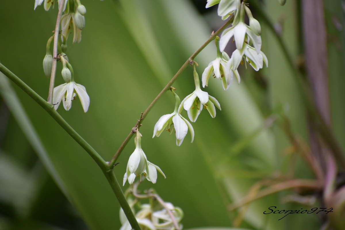 Nature, Nature 974, Nature Réunion, Nature de la Réunion, Nature à la Réunion, flore, flore 974, flore Réunion, flore de la Réunion, flore à la Réunion, flore Réunion, flore Réunion, flore de la Réunion, flore à la Réunion, communs, communs Réunion, communs 974, communs de la Réunion, communs à la Réunion, introduite, introduite 974, introduite Réunion, introduite de la Réunion, introduite à la Réunion, espèce introduite, espèce introduite 974, espèce introduite Réunion, espèce introduite de la Réunion, espèce introduite,  espèce introduite 974,  espèce introduite Réunion,  espèce introduite de la Réunion,  espèce introduite à la Réunion, introduite,  introduite 974,  introduite Réunion,  introduite de la Réunion,  introduite à la Réunion,espèce envahissante de niveau 5, espèce envahissante de niveau 5 974, espèce envahissante de niveau 5 Réunion, espèce envahissante de niveau 5 de la Réunion, espèce envahissante de niveau 5 à la Réunion, espèce envahissante de haut niveau, espèce envahissante de haut niveau 974, espèce envahissante de haut niveau Réunion, espèce envahissante de haut niveau de la Réunion, espèce envahissante de haut niveau à la Réunion, espèce envahissante cinq, espèce envahissante cinq 974, espèce envahissante cinq Réunion, espèce envahissante cinq de la Réunion, espèce envahissante cinq à la Réunion, espèce florale envahissante de niveau 5 sur 5, espèce florale envahissante de niveau 5 sur 5 974, espèce florale envahissante de niveau 5 sur 5 Réunion, espèce florale envahissante de niveau 5 sur 5 de la Réunion, espèce florale envahissante de niveau 5 sur 5 à la Réunion, espèce florale envahissante de cinq sur cinq, espèce florale envahissante de cinq sur cinq 974, espèce florale envahissante de cinq sur cinq Réunion, espèce florale envahissante de cinq sur cinq de la Réunion, espèce florale envahissante de cinq sur cinq à la Réunion, espèce florale envahissante de niveau 5, espèce florale envahissante de niveau 5 974, espèce florale envahissante de niveau 5 Réunion, espèce florale envahissante de niveau 5 de la Réunion, espèce florale envahissante de niveau 5 à la Réunion, espèce florale envahissante de haut niveau, espèce florale envahissante de haut niveau 974, espèce florale envahissante de haut niveau Réunion, espèce florale envahissante de haut niveau de la Réunion, espèce florale envahissante de haut niveau à la Réunion, espèce florale envahissante cinq, espèce florale envahissante cinq 974, espèce florale envahissante cinq Réunion, espèce florale envahissante cinq de la Réunion, espèce florale envahissante cinq à la Réunion, espèces produisant des bulbilles envahissantes de niveau 5 sur 5, espèces produisant des bulbilles envahissantes de niveau 5 sur 5 974, espèces produisant des bulbilles envahissantes de niveau 5 sur 5 Réunion, espèces produisant des bulbilles envahissantes de niveau 5 sur 5 de la Réunion, espèces produisant des bulbilles envahissantes de niveau 5 sur 5 à la Réunion, espèces produisant des bulbilles envahissantes de cinq sur cinq, espèces produisant des bulbilles envahissantes de cinq sur cinq 974, espèces produisant des bulbilles envahissantes de cinq sur cinq Réunion, espèces produisant des bulbilles envahissantes de cinq sur cinq de la Réunion, espèces produisant des bulbilles envahissantes de cinq sur cinq à la Réunion, espèces produisant des bulbilles envahissantes de niveau 5, espèces produisant des bulbilles envahissantes de niveau 5 974, espèces produisant des bulbilles envahissantes de niveau 5 Réunion, espèces produisant des bulbilles envahissantes de niveau 5 de la Réunion, espèces produisant des bulbilles envahissantes de niveau 5 à la Réunion, espèces produisant des bulbilles envahissantes de haut niveau, espèces produisant des bulbilles envahissantes de haut niveau 974, espèces produisant des bulbilles envahissantes de haut niveau Réunion, espèces produisant des bulbilles envahissantes de haut niveau de la Réunion, espèces produisant des bulbilles envahissantes de haut niveau à la Réunion, espèces produisant des bulbilles envahissantes cinq, espèces produisant des bulbilles envahissantes cinq 974, espèces produisant des bulbilles envahissantes cinq Réunion, espèces produisant des bulbilles envahissantes cinq de la Réunion, espèces produisant des bulbilles envahissantes cinq à la Réunion, espèces produisant des bulbilles envahissantes de niveau 5 sur 5, espèces produisant des bulbilles envahissantes de niveau 5 sur 5 974, espèces produisant des bulbilles envahissantes de niveau 5 sur 5 Réunion, espèces produisant des bulbilles envahissantes de niveau 5 sur 5 de la Réunion, espèces produisant des bulbilles envahissantes de niveau 5 sur 5 à la Réunion, espèces produisant des bulbilles envahissantes de cinq sur cinq, espèces produisant des bulbilles envahissantes de cinq sur cinq 974, espèces produisant des bulbilles envahissantes de cinq sur cinq Réunion, espèces produisant des bulbilles envahissantes de cinq sur cinq de la Réunion, espèces produisant des bulbilles envahissantes de cinq sur cinq à la Réunion, espèces produisant des bulbilles envahissantes de haut niveau, espèces produisant des bulbilles envahissantes de haut niveau 974, espèces produisant des bulbilles envahissantes de haut niveau Réunion, espèces produisant des bulbilles envahissantes de haut niveau de la Réunion, espèces produisant des bulbilles envahissantes de haut niveau à la Réunion, espèces produisant des bulbilles envahissantes cinq, espèces produisant des bulbilles envahissantes cinq 974, espèces produisant des bulbilles envahissantes cinq Réunion, espèces produisant des bulbilles envahissantes cinq de la Réunion, espèces produisant des bulbilles envahissantes cinq à la Réunion, espèce florale envahissantes de niveau 5 sur 5, espèce florale envahissantes de niveau 5 sur 5 974, espèce florale envahissantes de niveau 5 sur 5 Réunion, espèce florale envahissantes de niveau 5 sur 5 de la Réunion, espèce florale envahissantes de niveau 5 sur 5 à la Réunion, espèce florale envahissantes de cinq sur cinq, espèce florale envahissantes de cinq sur cinq 974, espèce florale envahissantes de cinq sur cinq Réunion, espèce florale envahissantes de cinq sur cinq de la Réunion, espèce florale envahissantes de cinq sur cinq à la Réunion, espèce florale envahissantes de niveau 5, espèce florale envahissantes de niveau 5 974, espèce florale envahissantes de niveau 5 Réunion, espèce florale envahissantes de niveau 5 de la Réunion, espèce florale envahissantes de niveau 5 à la Réunion, espèce florale envahissantes de haut niveau, espèce florale envahissantes de haut niveau 974, espèce florale envahissantes de haut niveau Réunion, espèce florale envahissantes de haut niveau de la Réunion, espèce florale envahissantes de haut niveau à la Réunion, espèce florale envahissantes cinq, espèce florale envahissantes cinq 974, espèce florale envahissantes cinq Réunion, espèce florale envahissantes cinq de la Réunion, espèce florale envahissantes cinq à la Réunion, envahissantes, envahissantes 974, envahissantes Réunion, envahissantes de la Réunion, envahissantes à la Réunion, envahissantes, envahissantes 974, envahissantes Réunion, envahissantes de la Réunion, envahissantes à la Réunion, espèce envahissantes, espèce envahissantes 974, espèce envahissantes Réunion, espèce envahissantes de la Réunion, espèce envahissantes à la Réunion, espèces à bulbilles envahissantes, espèces à bulbilles envahissantes 974, espèces à bulbilles envahissantes Réunion, espèces à bulbilles envahissantes de la Réunion, espèces à bulbilles envahissantes à la Réunion, bulbilles vertes introduites,  bulbilles vertes introduites 974, bulbilles vertes introduites Réunion, bulbilles vertes introduites de la Réunion, bulbilles vertes introduites à la Réunion, bulbilles vertes venant d'un arbre,  bulbilles vertes venant d'un arbre Réunion,  bulbilles vertes venant d'un arbre de la Réunion,  bulbilles vertes venant d'un arbre à la Réunion,  bulbilles vertes introduites,  bulbilles vertes introduites 974,  bulbilles vertes introduites Réunion,  bulbilles vertes introduites de la Réunion,  bulbilles vertes introduites à la Réunion,  espèce de bulbilles venant d'un arbre, espèce de bulbilles venant d'un arbre 974, espèce de bulbilles venant d'un arbre Réunion, espèce de bulbilles venant d'un arbre de la Réunion, espèce de bulbilles venant d'un arbre à la Réunion, bulbilles vertes envahissantes ,  bulbilles vertes envahissantes  974, bulbilles vertes envahissantes  Réunion, bulbilles vertes envahissantes  de la Réunion, bulbilles vertes envahissantes  à la Réunion, bulbilles vertes invasif,  bulbilles vertes invasif Réunion,  bulbilles vertes invasif de la Réunion,  bulbilles vertes invasif à la Réunion,  espèce de bulbilles venant d'un arbre, espèce de bulbilles venant d'un arbre 974, espèce de bulbilles venant d'un arbre Réunion, bulbilles vertes, bulbilles vertes 974, bulbilles vertes Réunion, bulbilles vertes de la Réunion,bulbilles vertes à la Réunion,  bulbilles vertes introduites 974, bulbilles vertes introduites Réunion, bulbilles vertes introduites de la Réunion, bulbilles vertes introduites à la Réunion, bulbilles vertes envahissant,  bulbilles vertes envahissant 974,  bulbilles vertes envahissant Réunion,  bulbilles vertes envahissant de la Réunion,  bulbilles vertes envahissant à la Réunion, bulbilles vertes, petite bulbilles vertes, petite bulbilles vertes 974, petite bulbilles vertes Réunion, petite bulbilles vertes de la Réunion, petite bulbilles vertes à la Réunion, petite bulbille utilisée en cuisine, petite bulbille utilisée en cuisine 974, petite bulbille utilisée en cuisine Réunion, petite bulbille utilisée en cuisine à la Réunion, petite bulbille utilisée en cuisine de la Réunion, petite bulbilles vertes envahissante, petite bulbilles vertes envahissante 974, petite bulbilles vertes envahissante Réunion, petite bulbilles vertes envahissante de la Réunion, petite bulbilles vertes envahissante à la Réunion, adventice à bulbille utilisée en cuisine,  adventice à bulbille utilisée en cuisine 974,  adventice à bulbille utilisée en cuisine Réunion,  adventice à bulbille utilisée en cuisine de la Réunion,  adventice à bulbille utilisée en cuisine à la Réunion, bulbille utilisée en cuisine, bulbille utilisée en cuisine 974, bulbille utilisée en cuisine Réunion, bulbille utilisée en cuisine de la Réunion, bulbille utilisée en cuisine à la Réunion, bulbille utilisée en cuisine commune, bulbille utilisée en cuisine commune 974, bulbille utilisée en cuisine commune Réunion, bulbille utilisée en cuisine commune de la Réunion, bulbille utilisée en cuisine commune à la Réunion, bulbilles communes, bulbilles communes 974, bulbilles communes Réunion, bulbilles communes à la Réunion, bulbilles communes de la Réunion, bulbilles vertes communes , bulbilles vertes communes  974, bulbilles vertes communes  Réunion, bulbilles vertes communes  de la Réunion, bulbilles vertes communes  à la Réunion, espèces produisant des bulbilles, espèces produisant des bulbilles 974, Réunion, espèces produisant des bulbilles de la Réunion, espèces produisant des bulbilles à la Réunion, bulbilles vertes en verticille, bulbilles vertes en verticille 974, Réunion, bulbilles vertes en verticille de la Réunion, bulbilles vertes en verticille à la Réunion, bulbilles vertes sphérique, bulbilles vertes sphérique à la Réunion, bulbilles vertes sphérique  Réunion, bulbilles vertes sphérique 974, bulbilles vertes sphérique de la Réunion, bulbilles vertes venant d'un Aloes,  bulbilles vertes venant d'un Aloes Réunion,  bulbilles vertes venant d'un Aloes de la Réunion,  bulbilles vertes venant d'un Aloes à la Réunion,  bulbilles vertes introduites,  bulbilles vertes introduites 974,  bulbilles vertes introduites Réunion,  bulbilles vertes introduites de la Réunion,  bulbilles vertes introduites à la Réunion,  espèce de bulbilles venant d'un Aloes, espèce de bulbilles venant d'un Aloes 974, espèce de bulbilles venant d'un Aloes Réunion, espèce de bulbilles venant d'un Aloes de la Réunion, espèce de bulbilles venant d'un Aloes à la Réunion, bulbilles vertes venant d'un Aloes,  bulbilles vertes venant d'un Aloes Réunion,  bulbilles vertes venant d'un Aloes de la Réunion,  bulbilles vertes venant d'un Aloes à la Réunion, espèce de bulbilles venant d'un Aloes, espèce de bulbilles venant d'un Aloes 974, espèce de bulbilles venant d'un Aloes Réunion, espèce de bulbilles venant d'un Aloes de la Réunion, espèce de bulbilles venant d'un Aloes à la Réunion, Aloes à bulbille utilisée en cuisine,  Aloes à bulbille utilisée en cuisine 974,  Aloes à bulbille utilisée en cuisine Réunion,  Aloes à bulbille utilisée en cuisine de la Réunion,  Aloes à bulbille utilisée en cuisine à la Réunion,    Asparagaceae,  Asparagaceae 974,  Asparagaceae Réunion,  Asparagaceae de la Réunion,  Asparagaceae à la Réunion, Asparagales,  Asparagales 974,  Asparagales Réunion,  Asparagales à la Réunion,  Asparagales de la Réunion, Furcraea foetida (L.) (Haw., 1812),  Furcraea foetida (L.) (Haw., 1812) 974,  Furcraea foetida (L.) (Haw., 1812) Réunion,  Furcraea foetida (L.) (Haw., 1812) de la Réunion,  Furcraea foetida (L.) (Haw., 1812) à la Réunion,  Furcraea foetida (L.) Haw. 1812,  Furcraea foetida (L.) Haw. 1812 974,  Furcraea foetida (L.) Haw. 1812 Réunion,  Furcraea foetida (L.) Haw. 1812 de la Réunion,  Furcraea foetida (L.) Haw. 1812 À la Réunion, Furcraea foetida (L.) Haw.,  Furcraea foetida (L.) Haw. 974,  Furcraea foetida (L.) Haw. Réunion,  Furcraea foetida (L.) Haw. de la Réunion,  Furcraea foetida (L.) Haw. à la Réunion, Furcraea foetida (L.) Haw, Furcraea foetida (L.) Haw 974, Furcraea foetida (L.) Haw Réunion, Furcraea foetida (L.) Haw de la Réunion,  Furcraea foetida (L.) Haw à la Réunion, Furcraea foetida (L.), Furcraea foetida (L.)974, Furcraea foetida (L.) Réunion, Furcraea foetida (L.) à la Réunion, Furcraea foetida (L.) de la Réunion, Furcraea foetida L., Furcraea foetida L. 974, Furcraea foetida L. Réunion, Furcraea foetida L. de la Réunion, Furcraea foetida L.à la Réunion, Furcraea foetida L, Furcraea foetida L 974, Furcraea foetida L Réunion, Furcraea foetida L de la Réunion, Furcraea foetida L à la Réunion, Furcraea foetida , Furcraea foetida  974, Furcraea foetida  de la Réunion, Furcraea foetida Réunion, Furcraea foetida  à la Réunion, Furcraea , Furcraea 974, Furcraea Réunion, Furcraea de la Réunion, Furcraea à la Réunion, Agave foetida (L., 1753),  Agave foetida (L., 1753) 974,  Agave foetida (L., 1753) Réunion,  Agave foetida (L., 1753) de la Réunion,  Agave foetida (L., 1753) à la Réunion, Agave foetida L. 1753,  Agave foetida L. 1753 974, Agave foetida L. 1753 Réunion, Agave foetida L. 1753 de la Réunion, Agave foetida L. 1753 à la Réunion,  Agave foetida L.,  Agave foetida L. 974,  Agave foetida L. Réunion,  Agave foetida L. de la Réunion,  Agave foetida L. à la Réunion,  Lamium,  Lamium Réunion,  Lamium de la Réunion,  Lamium à la Réunion,  Lamium 974, Agave foetida L, Agave foetida L 974, Agave foetida L Réunion, Agave foetida L de la Réunion, Agave foetida L à la Réunion, Agave foetida,  Agave foetida 974,  Agave foetida Réunion,  Agave foetida de la Réunion,  Agave foetida à la Réunion, Agave gigantea (Vent.) D.Dietr. 1840,  Agave gigantea (Vent.) D.Dietr. 1840 974,  Agave gigantea (Vent.) D.Dietr. 1840 Réunion,  Agave gigantea (Vent.) D.Dietr. 1840 de la Réunion,  Agave gigantea (Vent.) D.Dietr. 1840 à la Réunion, Agave gigantea (Vent.) (D.Dietr., 1840), Agave gigantea (Vent.) (D.Dietr., 1840) Réunion, Agave gigantea (Vent.) (D.Dietr., 1840) 974, Agave gigantea (Vent.) (D.Dietr., 1840) de la Réunion, Agave gigantea (Vent.) (D.Dietr., 1840) à la Réunion, Agave gigantea (Vent.) (D.Dietr., 1840), Agave gigantea (Vent.) (D.Dietr., 1840) de la Réunion, Agave gigantea (Vent.) (D.Dietr., 1840) à la Réunion, Furcraea gigantea (Vent., 1793), Furcraea gigantea (Vent., 1793) 974, Furcraea gigantea (Vent., 1793) Réunion, Furcraea gigantea (Vent., 1793) de la Réunion, Furcraea gigantea (Vent., 1793) à la Réunion, Furcraea gigantea Vent. 1793 ,  Furcraea gigantea Vent. 1793  974, Furcraea gigantea Vent. 1793  Réunion, Furcraea gigantea Vent. 1793  de la Réunion, Furcraea gigantea Vent. 1793  à la Réunion, Furcraea,  Furcraea 974,  Furcraea Réunion,  Furcraea de la Réunion,  Furcraea à la Réunion, Furcraea gigantea, Furcraea gigantea 974, Furcraea gigantea Réunion, Furcraea gigantea De la Réunion, Furcraea gigantea À la Réunion, Furcraea gigantea Vent,  Furcraea gigantea Vent 974, Furcraea gigantea Vent Réunion, Furcraea gigantea Vent de la Réunion, Furcraea gigantea Vent à la Réunion, Furcraea gigantea var. willemetiana Roem.,  Furcraea gigantea var. willemetiana Roem. 974, Furcraea gigantea var. willemetiana Roem. Réunion,  Furcraea gigantea var. willemetiana Roem. de la Réunion,  Furcraea gigantea var. willemetiana Roem. à la Réunion,  Furcraea gigantea var. willemetiana,  Furcraea gigantea var. willemetiana 974,  Furcraea gigantea var. willemetiana Réunion,  Furcraea gigantea var. willemetiana de la Réunion,  Furcraea gigantea var. willemetiana à la Réunion, Furcraea gigantea var., Furcraea gigantea var. 974, Furcraea gigantea var. Réunion, Furcraea gigantea var. de la Réunion, Furcraea gigantea var. à la Réunion, Furcraea foetida var. foetida (L.) Haw., Furcraea foetida var. foetida (L.) Haw. 974, Furcraea foetida var. foetida (L.) Haw. Réunion, Furcraea foetida var. foetida (L.) Haw. De la Réunion, Furcraea foetida var. foetida (L.) Haw. var. foetida (L.) (Haw., 1812) 974,  Furcraea foetida var. foetida (L.) Haw. var. foetida (L.) (Haw., 1812) Réunion,  Furcraea foetida var. foetida (L.) Haw. var. foetida (L.) (Haw., 1812) de la Réunion,  Furcraea foetida var. foetida (L.) Haw. var. foetida (L.) (Haw., 1812) à la Réunion, Furcraea foetida var. foetida (L.) Haw. 1812,  Furcraea foetida var. foetida (L.) Haw. 1812 974,  Furcraea foetida var. foetida (L.) Haw. var. foetida (L.) Haw. 1812 Réunion,  Furcraea foetida Haw. var. foetida (L.) Haw. 1812 de la Réunion,  Furcraea foetida var. foetida (L.) Haw. 1812 à la Réunion, Frucraea foetida var. Foetida., Frucraea foetida var. foetida974, Frucraea foetida var. Foetida Réunion, Frucraea foetida var. Foetida De la Réunion, Frucraea foetida var. Foetida À la Réunion,  Choca vert, Choca vert Réunion, Choca vert 974, Choca vert de la Réunion, Choca vert à la Réunion, Cadère, Cadère 974, Cadère Réunion, Cadère De la Réunion, Cadère A la Réunion, Choka, Choka 974, Choka Réunion, Choka de la Réunion, Choka à la Réunion, Choka vert, Choka vert 974, Choka vert Réunion, Choka vert de la Réunion, Choka vert à la Réunion,  Chanvre de Maurice, Chanvre de Maurice 974, Chanvre de Maurice Réunion, Chanvre de Maurice de la Réunion, Chanvre de Maurice à la Réunion, manira 974, manira Réunion, manira de la Réunion, manira à la Réunion,  manira, Aloès malgache,  Aloès malgache 974,  Aloès malgache Réunion,  Aloès malgache de la Réunion,  Aloès malgache à la Réunion, Aloès créole, Aloès créole  974, Aloès créole  de la Réunion, Aloès créole  à la Réunion, Aloès créole Réunion, Sisal,  Sisal 974,  Sisal Réunion,  Sisal de la Réunion,  Sisal à la Réunion, Mauritius hemp, Faux aloès, Faux aloès 974, Faux aloès Réunion, Faux aloès de la Réunion, Faux aloès à la Réunion,  Agave, Agave 974, Réunion, Agave de la Réunion, Agave à la Réunion, Kitani, Kitani à la Réunion, Kitani  Réunion, Kitani 974, Kitani de la Réunion, 
