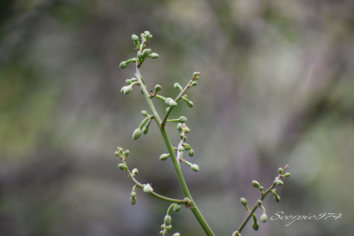 Nature, Nature 974, Nature Réunion, Nature de la Réunion, Nature à la Réunion, flore, flore 974, flore Réunion, flore de la Réunion, flore à la Réunion, flore Réunion, flore Réunion, flore de la Réunion, flore à la Réunion, communs, communs Réunion, communs 974, communs de la Réunion, communs à la Réunion, introduite, introduite 974, introduite Réunion, introduite de la Réunion, introduite à la Réunion, espèce introduite, espèce introduite 974, espèce introduite Réunion, espèce introduite de la Réunion, espèce introduite,  espèce introduite 974,  espèce introduite Réunion,  espèce introduite de la Réunion,  espèce introduite à la Réunion, introduite,  introduite 974,  introduite Réunion,  introduite de la Réunion,  introduite à la Réunion,espèce envahissante de niveau 5, espèce envahissante de niveau 5 974, espèce envahissante de niveau 5 Réunion, espèce envahissante de niveau 5 de la Réunion, espèce envahissante de niveau 5 à la Réunion, espèce envahissante de haut niveau, espèce envahissante de haut niveau 974, espèce envahissante de haut niveau Réunion, espèce envahissante de haut niveau de la Réunion, espèce envahissante de haut niveau à la Réunion, espèce envahissante cinq, espèce envahissante cinq 974, espèce envahissante cinq Réunion, espèce envahissante cinq de la Réunion, espèce envahissante cinq à la Réunion, espèce florale envahissante de niveau 5 sur 5, espèce florale envahissante de niveau 5 sur 5 974, espèce florale envahissante de niveau 5 sur 5 Réunion, espèce florale envahissante de niveau 5 sur 5 de la Réunion, espèce florale envahissante de niveau 5 sur 5 à la Réunion, espèce florale envahissante de cinq sur cinq, espèce florale envahissante de cinq sur cinq 974, espèce florale envahissante de cinq sur cinq Réunion, espèce florale envahissante de cinq sur cinq de la Réunion, espèce florale envahissante de cinq sur cinq à la Réunion, espèce florale envahissante de niveau 5, espèce florale envahissante de niveau 5 974, espèce florale envahissante de niveau 5 Réunion, espèce florale envahissante de niveau 5 de la Réunion, espèce florale envahissante de niveau 5 à la Réunion, espèce florale envahissante de haut niveau, espèce florale envahissante de haut niveau 974, espèce florale envahissante de haut niveau Réunion, espèce florale envahissante de haut niveau de la Réunion, espèce florale envahissante de haut niveau à la Réunion, espèce florale envahissante cinq, espèce florale envahissante cinq 974, espèce florale envahissante cinq Réunion, espèce florale envahissante cinq de la Réunion, espèce florale envahissante cinq à la Réunion, espèces produisant des bulbilles envahissantes de niveau 5 sur 5, espèces produisant des bulbilles envahissantes de niveau 5 sur 5 974, espèces produisant des bulbilles envahissantes de niveau 5 sur 5 Réunion, espèces produisant des bulbilles envahissantes de niveau 5 sur 5 de la Réunion, espèces produisant des bulbilles envahissantes de niveau 5 sur 5 à la Réunion, espèces produisant des bulbilles envahissantes de cinq sur cinq, espèces produisant des bulbilles envahissantes de cinq sur cinq 974, espèces produisant des bulbilles envahissantes de cinq sur cinq Réunion, espèces produisant des bulbilles envahissantes de cinq sur cinq de la Réunion, espèces produisant des bulbilles envahissantes de cinq sur cinq à la Réunion, espèces produisant des bulbilles envahissantes de niveau 5, espèces produisant des bulbilles envahissantes de niveau 5 974, espèces produisant des bulbilles envahissantes de niveau 5 Réunion, espèces produisant des bulbilles envahissantes de niveau 5 de la Réunion, espèces produisant des bulbilles envahissantes de niveau 5 à la Réunion, espèces produisant des bulbilles envahissantes de haut niveau, espèces produisant des bulbilles envahissantes de haut niveau 974, espèces produisant des bulbilles envahissantes de haut niveau Réunion, espèces produisant des bulbilles envahissantes de haut niveau de la Réunion, espèces produisant des bulbilles envahissantes de haut niveau à la Réunion, espèces produisant des bulbilles envahissantes cinq, espèces produisant des bulbilles envahissantes cinq 974, espèces produisant des bulbilles envahissantes cinq Réunion, espèces produisant des bulbilles envahissantes cinq de la Réunion, espèces produisant des bulbilles envahissantes cinq à la Réunion, espèces produisant des bulbilles envahissantes de niveau 5 sur 5, espèces produisant des bulbilles envahissantes de niveau 5 sur 5 974, espèces produisant des bulbilles envahissantes de niveau 5 sur 5 Réunion, espèces produisant des bulbilles envahissantes de niveau 5 sur 5 de la Réunion, espèces produisant des bulbilles envahissantes de niveau 5 sur 5 à la Réunion, espèces produisant des bulbilles envahissantes de cinq sur cinq, espèces produisant des bulbilles envahissantes de cinq sur cinq 974, espèces produisant des bulbilles envahissantes de cinq sur cinq Réunion, espèces produisant des bulbilles envahissantes de cinq sur cinq de la Réunion, espèces produisant des bulbilles envahissantes de cinq sur cinq à la Réunion, espèces produisant des bulbilles envahissantes de haut niveau, espèces produisant des bulbilles envahissantes de haut niveau 974, espèces produisant des bulbilles envahissantes de haut niveau Réunion, espèces produisant des bulbilles envahissantes de haut niveau de la Réunion, espèces produisant des bulbilles envahissantes de haut niveau à la Réunion, espèces produisant des bulbilles envahissantes cinq, espèces produisant des bulbilles envahissantes cinq 974, espèces produisant des bulbilles envahissantes cinq Réunion, espèces produisant des bulbilles envahissantes cinq de la Réunion, espèces produisant des bulbilles envahissantes cinq à la Réunion, espèce florale envahissantes de niveau 5 sur 5, espèce florale envahissantes de niveau 5 sur 5 974, espèce florale envahissantes de niveau 5 sur 5 Réunion, espèce florale envahissantes de niveau 5 sur 5 de la Réunion, espèce florale envahissantes de niveau 5 sur 5 à la Réunion, espèce florale envahissantes de cinq sur cinq, espèce florale envahissantes de cinq sur cinq 974, espèce florale envahissantes de cinq sur cinq Réunion, espèce florale envahissantes de cinq sur cinq de la Réunion, espèce florale envahissantes de cinq sur cinq à la Réunion, espèce florale envahissantes de niveau 5, espèce florale envahissantes de niveau 5 974, espèce florale envahissantes de niveau 5 Réunion, espèce florale envahissantes de niveau 5 de la Réunion, espèce florale envahissantes de niveau 5 à la Réunion, espèce florale envahissantes de haut niveau, espèce florale envahissantes de haut niveau 974, espèce florale envahissantes de haut niveau Réunion, espèce florale envahissantes de haut niveau de la Réunion, espèce florale envahissantes de haut niveau à la Réunion, espèce florale envahissantes cinq, espèce florale envahissantes cinq 974, espèce florale envahissantes cinq Réunion, espèce florale envahissantes cinq de la Réunion, espèce florale envahissantes cinq à la Réunion, envahissantes, envahissantes 974, envahissantes Réunion, envahissantes de la Réunion, envahissantes à la Réunion, envahissantes, envahissantes 974, envahissantes Réunion, envahissantes de la Réunion, envahissantes à la Réunion, espèce envahissantes, espèce envahissantes 974, espèce envahissantes Réunion, espèce envahissantes de la Réunion, espèce envahissantes à la Réunion, espèces à bulbilles envahissantes, espèces à bulbilles envahissantes 974, espèces à bulbilles envahissantes Réunion, espèces à bulbilles envahissantes de la Réunion, espèces à bulbilles envahissantes à la Réunion, bulbilles vertes introduites,  bulbilles vertes introduites 974, bulbilles vertes introduites Réunion, bulbilles vertes introduites de la Réunion, bulbilles vertes introduites à la Réunion, bulbilles vertes venant d'un arbre,  bulbilles vertes venant d'un arbre Réunion,  bulbilles vertes venant d'un arbre de la Réunion,  bulbilles vertes venant d'un arbre à la Réunion,  bulbilles vertes introduites,  bulbilles vertes introduites 974,  bulbilles vertes introduites Réunion,  bulbilles vertes introduites de la Réunion,  bulbilles vertes introduites à la Réunion,  espèce de bulbilles venant d'un arbre, espèce de bulbilles venant d'un arbre 974, espèce de bulbilles venant d'un arbre Réunion, espèce de bulbilles venant d'un arbre de la Réunion, espèce de bulbilles venant d'un arbre à la Réunion, bulbilles vertes envahissantes ,  bulbilles vertes envahissantes  974, bulbilles vertes envahissantes  Réunion, bulbilles vertes envahissantes  de la Réunion, bulbilles vertes envahissantes  à la Réunion, bulbilles vertes invasif,  bulbilles vertes invasif Réunion,  bulbilles vertes invasif de la Réunion,  bulbilles vertes invasif à la Réunion,  espèce de bulbilles venant d'un arbre, espèce de bulbilles venant d'un arbre 974, espèce de bulbilles venant d'un arbre Réunion, bulbilles vertes, bulbilles vertes 974, bulbilles vertes Réunion, bulbilles vertes de la Réunion,bulbilles vertes à la Réunion,  bulbilles vertes introduites 974, bulbilles vertes introduites Réunion, bulbilles vertes introduites de la Réunion, bulbilles vertes introduites à la Réunion, bulbilles vertes envahissant,  bulbilles vertes envahissant 974,  bulbilles vertes envahissant Réunion,  bulbilles vertes envahissant de la Réunion,  bulbilles vertes envahissant à la Réunion, bulbilles vertes, petite bulbilles vertes, petite bulbilles vertes 974, petite bulbilles vertes Réunion, petite bulbilles vertes de la Réunion, petite bulbilles vertes à la Réunion, petite bulbille utilisée en cuisine, petite bulbille utilisée en cuisine 974, petite bulbille utilisée en cuisine Réunion, petite bulbille utilisée en cuisine à la Réunion, petite bulbille utilisée en cuisine de la Réunion, petite bulbilles vertes envahissante, petite bulbilles vertes envahissante 974, petite bulbilles vertes envahissante Réunion, petite bulbilles vertes envahissante de la Réunion, petite bulbilles vertes envahissante à la Réunion, adventice à bulbille utilisée en cuisine,  adventice à bulbille utilisée en cuisine 974,  adventice à bulbille utilisée en cuisine Réunion,  adventice à bulbille utilisée en cuisine de la Réunion,  adventice à bulbille utilisée en cuisine à la Réunion, bulbille utilisée en cuisine, bulbille utilisée en cuisine 974, bulbille utilisée en cuisine Réunion, bulbille utilisée en cuisine de la Réunion, bulbille utilisée en cuisine à la Réunion, bulbille utilisée en cuisine commune, bulbille utilisée en cuisine commune 974, bulbille utilisée en cuisine commune Réunion, bulbille utilisée en cuisine commune de la Réunion, bulbille utilisée en cuisine commune à la Réunion, bulbilles communes, bulbilles communes 974, bulbilles communes Réunion, bulbilles communes à la Réunion, bulbilles communes de la Réunion, bulbilles vertes communes , bulbilles vertes communes  974, bulbilles vertes communes  Réunion, bulbilles vertes communes  de la Réunion, bulbilles vertes communes  à la Réunion, espèces produisant des bulbilles, espèces produisant des bulbilles 974, Réunion, espèces produisant des bulbilles de la Réunion, espèces produisant des bulbilles à la Réunion, bulbilles vertes en verticille, bulbilles vertes en verticille 974, Réunion, bulbilles vertes en verticille de la Réunion, bulbilles vertes en verticille à la Réunion, bulbilles vertes sphérique, bulbilles vertes sphérique à la Réunion, bulbilles vertes sphérique  Réunion, bulbilles vertes sphérique 974, bulbilles vertes sphérique de la Réunion, bulbilles vertes venant d'un Aloes,  bulbilles vertes venant d'un Aloes Réunion,  bulbilles vertes venant d'un Aloes de la Réunion,  bulbilles vertes venant d'un Aloes à la Réunion,  bulbilles vertes introduites,  bulbilles vertes introduites 974,  bulbilles vertes introduites Réunion,  bulbilles vertes introduites de la Réunion,  bulbilles vertes introduites à la Réunion,  espèce de bulbilles venant d'un Aloes, espèce de bulbilles venant d'un Aloes 974, espèce de bulbilles venant d'un Aloes Réunion, espèce de bulbilles venant d'un Aloes de la Réunion, espèce de bulbilles venant d'un Aloes à la Réunion, bulbilles vertes venant d'un Aloes,  bulbilles vertes venant d'un Aloes Réunion,  bulbilles vertes venant d'un Aloes de la Réunion,  bulbilles vertes venant d'un Aloes à la Réunion, espèce de bulbilles venant d'un Aloes, espèce de bulbilles venant d'un Aloes 974, espèce de bulbilles venant d'un Aloes Réunion, espèce de bulbilles venant d'un Aloes de la Réunion, espèce de bulbilles venant d'un Aloes à la Réunion, Aloes à bulbille utilisée en cuisine,  Aloes à bulbille utilisée en cuisine 974,  Aloes à bulbille utilisée en cuisine Réunion,  Aloes à bulbille utilisée en cuisine de la Réunion,  Aloes à bulbille utilisée en cuisine à la Réunion,    Asparagaceae,  Asparagaceae 974,  Asparagaceae Réunion,  Asparagaceae de la Réunion,  Asparagaceae à la Réunion, Asparagales,  Asparagales 974,  Asparagales Réunion,  Asparagales à la Réunion,  Asparagales de la Réunion, Furcraea foetida (L.) (Haw., 1812),  Furcraea foetida (L.) (Haw., 1812) 974,  Furcraea foetida (L.) (Haw., 1812) Réunion,  Furcraea foetida (L.) (Haw., 1812) de la Réunion,  Furcraea foetida (L.) (Haw., 1812) à la Réunion,  Furcraea foetida (L.) Haw. 1812,  Furcraea foetida (L.) Haw. 1812 974,  Furcraea foetida (L.) Haw. 1812 Réunion,  Furcraea foetida (L.) Haw. 1812 de la Réunion,  Furcraea foetida (L.) Haw. 1812 À la Réunion, Furcraea foetida (L.) Haw.,  Furcraea foetida (L.) Haw. 974,  Furcraea foetida (L.) Haw. Réunion,  Furcraea foetida (L.) Haw. de la Réunion,  Furcraea foetida (L.) Haw. à la Réunion, Furcraea foetida (L.) Haw, Furcraea foetida (L.) Haw 974, Furcraea foetida (L.) Haw Réunion, Furcraea foetida (L.) Haw de la Réunion,  Furcraea foetida (L.) Haw à la Réunion, Furcraea foetida (L.), Furcraea foetida (L.)974, Furcraea foetida (L.) Réunion, Furcraea foetida (L.) à la Réunion, Furcraea foetida (L.) de la Réunion, Furcraea foetida L., Furcraea foetida L. 974, Furcraea foetida L. Réunion, Furcraea foetida L. de la Réunion, Furcraea foetida L.à la Réunion, Furcraea foetida L, Furcraea foetida L 974, Furcraea foetida L Réunion, Furcraea foetida L de la Réunion, Furcraea foetida L à la Réunion, Furcraea foetida , Furcraea foetida  974, Furcraea foetida  de la Réunion, Furcraea foetida Réunion, Furcraea foetida  à la Réunion, Furcraea , Furcraea 974, Furcraea Réunion, Furcraea de la Réunion, Furcraea à la Réunion, Agave foetida (L., 1753),  Agave foetida (L., 1753) 974,  Agave foetida (L., 1753) Réunion,  Agave foetida (L., 1753) de la Réunion,  Agave foetida (L., 1753) à la Réunion, Agave foetida L. 1753,  Agave foetida L. 1753 974, Agave foetida L. 1753 Réunion, Agave foetida L. 1753 de la Réunion, Agave foetida L. 1753 à la Réunion,  Agave foetida L.,  Agave foetida L. 974,  Agave foetida L. Réunion,  Agave foetida L. de la Réunion,  Agave foetida L. à la Réunion,  Lamium,  Lamium Réunion,  Lamium de la Réunion,  Lamium à la Réunion,  Lamium 974, Agave foetida L, Agave foetida L 974, Agave foetida L Réunion, Agave foetida L de la Réunion, Agave foetida L à la Réunion, Agave foetida,  Agave foetida 974,  Agave foetida Réunion,  Agave foetida de la Réunion,  Agave foetida à la Réunion, Agave gigantea (Vent.) D.Dietr. 1840,  Agave gigantea (Vent.) D.Dietr. 1840 974,  Agave gigantea (Vent.) D.Dietr. 1840 Réunion,  Agave gigantea (Vent.) D.Dietr. 1840 de la Réunion,  Agave gigantea (Vent.) D.Dietr. 1840 à la Réunion, Agave gigantea (Vent.) (D.Dietr., 1840), Agave gigantea (Vent.) (D.Dietr., 1840) Réunion, Agave gigantea (Vent.) (D.Dietr., 1840) 974, Agave gigantea (Vent.) (D.Dietr., 1840) de la Réunion, Agave gigantea (Vent.) (D.Dietr., 1840) à la Réunion, Agave gigantea (Vent.) (D.Dietr., 1840), Agave gigantea (Vent.) (D.Dietr., 1840) de la Réunion, Agave gigantea (Vent.) (D.Dietr., 1840) à la Réunion, Furcraea gigantea (Vent., 1793), Furcraea gigantea (Vent., 1793) 974, Furcraea gigantea (Vent., 1793) Réunion, Furcraea gigantea (Vent., 1793) de la Réunion, Furcraea gigantea (Vent., 1793) à la Réunion, Furcraea gigantea Vent. 1793 ,  Furcraea gigantea Vent. 1793  974, Furcraea gigantea Vent. 1793  Réunion, Furcraea gigantea Vent. 1793  de la Réunion, Furcraea gigantea Vent. 1793  à la Réunion, Furcraea,  Furcraea 974,  Furcraea Réunion,  Furcraea de la Réunion,  Furcraea à la Réunion, Furcraea gigantea, Furcraea gigantea 974, Furcraea gigantea Réunion, Furcraea gigantea De la Réunion, Furcraea gigantea À la Réunion, Furcraea gigantea Vent,  Furcraea gigantea Vent 974, Furcraea gigantea Vent Réunion, Furcraea gigantea Vent de la Réunion, Furcraea gigantea Vent à la Réunion, Furcraea gigantea var. willemetiana Roem.,  Furcraea gigantea var. willemetiana Roem. 974, Furcraea gigantea var. willemetiana Roem. Réunion,  Furcraea gigantea var. willemetiana Roem. de la Réunion,  Furcraea gigantea var. willemetiana Roem. à la Réunion,  Furcraea gigantea var. willemetiana,  Furcraea gigantea var. willemetiana 974,  Furcraea gigantea var. willemetiana Réunion,  Furcraea gigantea var. willemetiana de la Réunion,  Furcraea gigantea var. willemetiana à la Réunion, Furcraea gigantea var., Furcraea gigantea var. 974, Furcraea gigantea var. Réunion, Furcraea gigantea var. de la Réunion, Furcraea gigantea var. à la Réunion, Furcraea foetida var. foetida (L.) Haw., Furcraea foetida var. foetida (L.) Haw. 974, Furcraea foetida var. foetida (L.) Haw. Réunion, Furcraea foetida var. foetida (L.) Haw. De la Réunion, Furcraea foetida var. foetida (L.) Haw. var. foetida (L.) (Haw., 1812) 974,  Furcraea foetida var. foetida (L.) Haw. var. foetida (L.) (Haw., 1812) Réunion,  Furcraea foetida var. foetida (L.) Haw. var. foetida (L.) (Haw., 1812) de la Réunion,  Furcraea foetida var. foetida (L.) Haw. var. foetida (L.) (Haw., 1812) à la Réunion, Furcraea foetida var. foetida (L.) Haw. 1812,  Furcraea foetida var. foetida (L.) Haw. 1812 974,  Furcraea foetida var. foetida (L.) Haw. var. foetida (L.) Haw. 1812 Réunion,  Furcraea foetida Haw. var. foetida (L.) Haw. 1812 de la Réunion,  Furcraea foetida var. foetida (L.) Haw. 1812 à la Réunion, Frucraea foetida var. Foetida., Frucraea foetida var. foetida974, Frucraea foetida var. Foetida Réunion, Frucraea foetida var. Foetida De la Réunion, Frucraea foetida var. Foetida À la Réunion,  Choca vert, Choca vert Réunion, Choca vert 974, Choca vert de la Réunion, Choca vert à la Réunion, Cadère, Cadère 974, Cadère Réunion, Cadère De la Réunion, Cadère A la Réunion, Choka, Choka 974, Choka Réunion, Choka de la Réunion, Choka à la Réunion, Choka vert, Choka vert 974, Choka vert Réunion, Choka vert de la Réunion, Choka vert à la Réunion,  Chanvre de Maurice, Chanvre de Maurice 974, Chanvre de Maurice Réunion, Chanvre de Maurice de la Réunion, Chanvre de Maurice à la Réunion, manira 974, manira Réunion, manira de la Réunion, manira à la Réunion,  manira, Aloès malgache,  Aloès malgache 974,  Aloès malgache Réunion,  Aloès malgache de la Réunion,  Aloès malgache à la Réunion, Aloès créole, Aloès créole  974, Aloès créole  de la Réunion, Aloès créole  à la Réunion, Aloès créole Réunion, Sisal,  Sisal 974,  Sisal Réunion,  Sisal de la Réunion,  Sisal à la Réunion, Mauritius hemp, Faux aloès, Faux aloès 974, Faux aloès Réunion, Faux aloès de la Réunion, Faux aloès à la Réunion,  Agave, Agave 974, Réunion, Agave de la Réunion, Agave à la Réunion, Kitani, Kitani à la Réunion, Kitani  Réunion, Kitani 974, Kitani de la Réunion, 