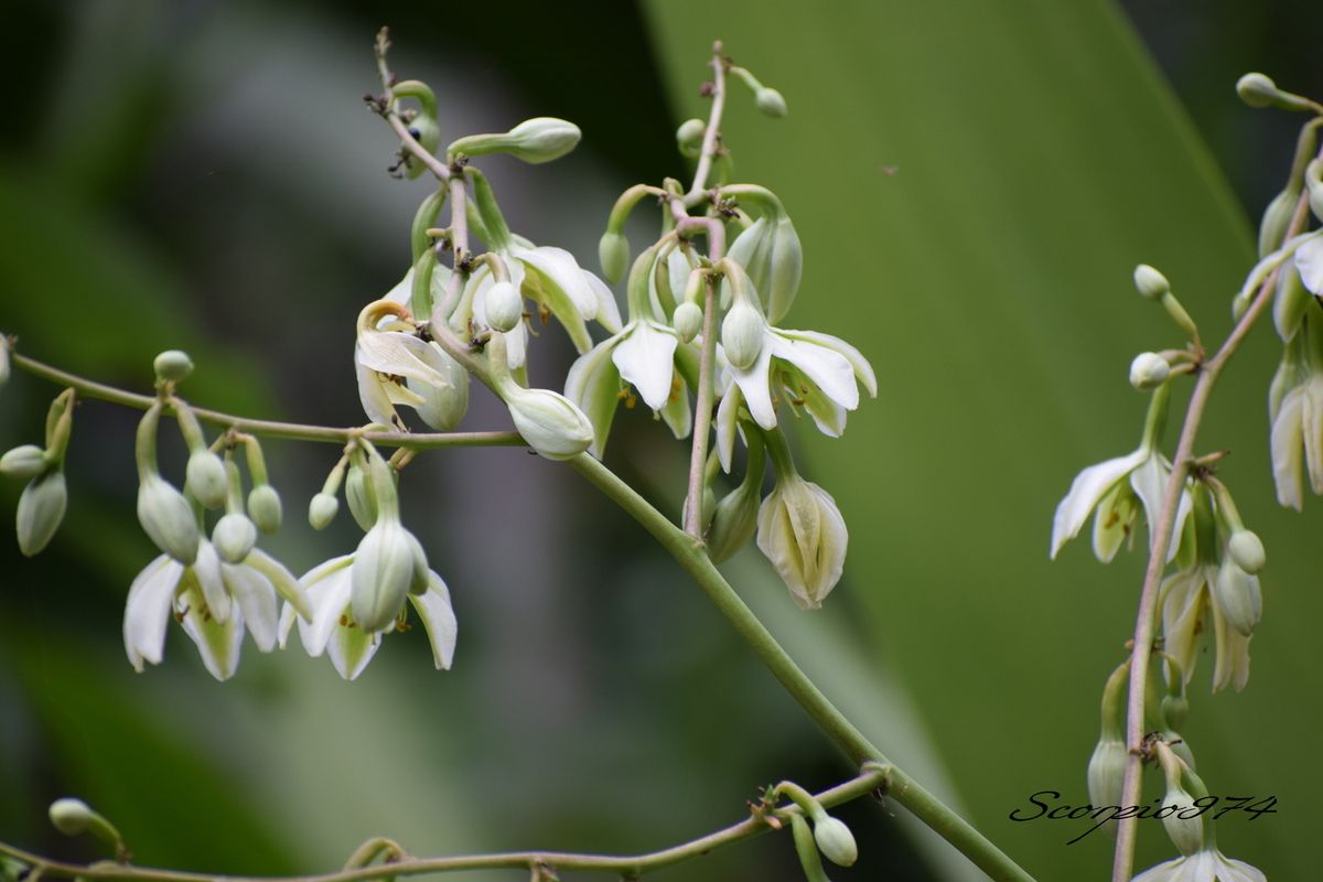 Nature, Nature 974, Nature Réunion, Nature de la Réunion, Nature à la Réunion, flore, flore 974, flore Réunion, flore de la Réunion, flore à la Réunion, flore Réunion, flore Réunion, flore de la Réunion, flore à la Réunion, communs, communs Réunion, communs 974, communs de la Réunion, communs à la Réunion, introduite, introduite 974, introduite Réunion, introduite de la Réunion, introduite à la Réunion, espèce introduite, espèce introduite 974, espèce introduite Réunion, espèce introduite de la Réunion, espèce introduite,  espèce introduite 974,  espèce introduite Réunion,  espèce introduite de la Réunion,  espèce introduite à la Réunion, introduite,  introduite 974,  introduite Réunion,  introduite de la Réunion,  introduite à la Réunion,espèce envahissante de niveau 5, espèce envahissante de niveau 5 974, espèce envahissante de niveau 5 Réunion, espèce envahissante de niveau 5 de la Réunion, espèce envahissante de niveau 5 à la Réunion, espèce envahissante de haut niveau, espèce envahissante de haut niveau 974, espèce envahissante de haut niveau Réunion, espèce envahissante de haut niveau de la Réunion, espèce envahissante de haut niveau à la Réunion, espèce envahissante cinq, espèce envahissante cinq 974, espèce envahissante cinq Réunion, espèce envahissante cinq de la Réunion, espèce envahissante cinq à la Réunion, espèce florale envahissante de niveau 5 sur 5, espèce florale envahissante de niveau 5 sur 5 974, espèce florale envahissante de niveau 5 sur 5 Réunion, espèce florale envahissante de niveau 5 sur 5 de la Réunion, espèce florale envahissante de niveau 5 sur 5 à la Réunion, espèce florale envahissante de cinq sur cinq, espèce florale envahissante de cinq sur cinq 974, espèce florale envahissante de cinq sur cinq Réunion, espèce florale envahissante de cinq sur cinq de la Réunion, espèce florale envahissante de cinq sur cinq à la Réunion, espèce florale envahissante de niveau 5, espèce florale envahissante de niveau 5 974, espèce florale envahissante de niveau 5 Réunion, espèce florale envahissante de niveau 5 de la Réunion, espèce florale envahissante de niveau 5 à la Réunion, espèce florale envahissante de haut niveau, espèce florale envahissante de haut niveau 974, espèce florale envahissante de haut niveau Réunion, espèce florale envahissante de haut niveau de la Réunion, espèce florale envahissante de haut niveau à la Réunion, espèce florale envahissante cinq, espèce florale envahissante cinq 974, espèce florale envahissante cinq Réunion, espèce florale envahissante cinq de la Réunion, espèce florale envahissante cinq à la Réunion, espèces produisant des bulbilles envahissantes de niveau 5 sur 5, espèces produisant des bulbilles envahissantes de niveau 5 sur 5 974, espèces produisant des bulbilles envahissantes de niveau 5 sur 5 Réunion, espèces produisant des bulbilles envahissantes de niveau 5 sur 5 de la Réunion, espèces produisant des bulbilles envahissantes de niveau 5 sur 5 à la Réunion, espèces produisant des bulbilles envahissantes de cinq sur cinq, espèces produisant des bulbilles envahissantes de cinq sur cinq 974, espèces produisant des bulbilles envahissantes de cinq sur cinq Réunion, espèces produisant des bulbilles envahissantes de cinq sur cinq de la Réunion, espèces produisant des bulbilles envahissantes de cinq sur cinq à la Réunion, espèces produisant des bulbilles envahissantes de niveau 5, espèces produisant des bulbilles envahissantes de niveau 5 974, espèces produisant des bulbilles envahissantes de niveau 5 Réunion, espèces produisant des bulbilles envahissantes de niveau 5 de la Réunion, espèces produisant des bulbilles envahissantes de niveau 5 à la Réunion, espèces produisant des bulbilles envahissantes de haut niveau, espèces produisant des bulbilles envahissantes de haut niveau 974, espèces produisant des bulbilles envahissantes de haut niveau Réunion, espèces produisant des bulbilles envahissantes de haut niveau de la Réunion, espèces produisant des bulbilles envahissantes de haut niveau à la Réunion, espèces produisant des bulbilles envahissantes cinq, espèces produisant des bulbilles envahissantes cinq 974, espèces produisant des bulbilles envahissantes cinq Réunion, espèces produisant des bulbilles envahissantes cinq de la Réunion, espèces produisant des bulbilles envahissantes cinq à la Réunion, espèces produisant des bulbilles envahissantes de niveau 5 sur 5, espèces produisant des bulbilles envahissantes de niveau 5 sur 5 974, espèces produisant des bulbilles envahissantes de niveau 5 sur 5 Réunion, espèces produisant des bulbilles envahissantes de niveau 5 sur 5 de la Réunion, espèces produisant des bulbilles envahissantes de niveau 5 sur 5 à la Réunion, espèces produisant des bulbilles envahissantes de cinq sur cinq, espèces produisant des bulbilles envahissantes de cinq sur cinq 974, espèces produisant des bulbilles envahissantes de cinq sur cinq Réunion, espèces produisant des bulbilles envahissantes de cinq sur cinq de la Réunion, espèces produisant des bulbilles envahissantes de cinq sur cinq à la Réunion, espèces produisant des bulbilles envahissantes de haut niveau, espèces produisant des bulbilles envahissantes de haut niveau 974, espèces produisant des bulbilles envahissantes de haut niveau Réunion, espèces produisant des bulbilles envahissantes de haut niveau de la Réunion, espèces produisant des bulbilles envahissantes de haut niveau à la Réunion, espèces produisant des bulbilles envahissantes cinq, espèces produisant des bulbilles envahissantes cinq 974, espèces produisant des bulbilles envahissantes cinq Réunion, espèces produisant des bulbilles envahissantes cinq de la Réunion, espèces produisant des bulbilles envahissantes cinq à la Réunion, espèce florale envahissantes de niveau 5 sur 5, espèce florale envahissantes de niveau 5 sur 5 974, espèce florale envahissantes de niveau 5 sur 5 Réunion, espèce florale envahissantes de niveau 5 sur 5 de la Réunion, espèce florale envahissantes de niveau 5 sur 5 à la Réunion, espèce florale envahissantes de cinq sur cinq, espèce florale envahissantes de cinq sur cinq 974, espèce florale envahissantes de cinq sur cinq Réunion, espèce florale envahissantes de cinq sur cinq de la Réunion, espèce florale envahissantes de cinq sur cinq à la Réunion, espèce florale envahissantes de niveau 5, espèce florale envahissantes de niveau 5 974, espèce florale envahissantes de niveau 5 Réunion, espèce florale envahissantes de niveau 5 de la Réunion, espèce florale envahissantes de niveau 5 à la Réunion, espèce florale envahissantes de haut niveau, espèce florale envahissantes de haut niveau 974, espèce florale envahissantes de haut niveau Réunion, espèce florale envahissantes de haut niveau de la Réunion, espèce florale envahissantes de haut niveau à la Réunion, espèce florale envahissantes cinq, espèce florale envahissantes cinq 974, espèce florale envahissantes cinq Réunion, espèce florale envahissantes cinq de la Réunion, espèce florale envahissantes cinq à la Réunion, envahissantes, envahissantes 974, envahissantes Réunion, envahissantes de la Réunion, envahissantes à la Réunion, envahissantes, envahissantes 974, envahissantes Réunion, envahissantes de la Réunion, envahissantes à la Réunion, espèce envahissantes, espèce envahissantes 974, espèce envahissantes Réunion, espèce envahissantes de la Réunion, espèce envahissantes à la Réunion, espèces à bulbilles envahissantes, espèces à bulbilles envahissantes 974, espèces à bulbilles envahissantes Réunion, espèces à bulbilles envahissantes de la Réunion, espèces à bulbilles envahissantes à la Réunion, bulbilles vertes introduites,  bulbilles vertes introduites 974, bulbilles vertes introduites Réunion, bulbilles vertes introduites de la Réunion, bulbilles vertes introduites à la Réunion, bulbilles vertes venant d'un arbre,  bulbilles vertes venant d'un arbre Réunion,  bulbilles vertes venant d'un arbre de la Réunion,  bulbilles vertes venant d'un arbre à la Réunion,  bulbilles vertes introduites,  bulbilles vertes introduites 974,  bulbilles vertes introduites Réunion,  bulbilles vertes introduites de la Réunion,  bulbilles vertes introduites à la Réunion,  espèce de bulbilles venant d'un arbre, espèce de bulbilles venant d'un arbre 974, espèce de bulbilles venant d'un arbre Réunion, espèce de bulbilles venant d'un arbre de la Réunion, espèce de bulbilles venant d'un arbre à la Réunion, bulbilles vertes envahissantes ,  bulbilles vertes envahissantes  974, bulbilles vertes envahissantes  Réunion, bulbilles vertes envahissantes  de la Réunion, bulbilles vertes envahissantes  à la Réunion, bulbilles vertes invasif,  bulbilles vertes invasif Réunion,  bulbilles vertes invasif de la Réunion,  bulbilles vertes invasif à la Réunion,  espèce de bulbilles venant d'un arbre, espèce de bulbilles venant d'un arbre 974, espèce de bulbilles venant d'un arbre Réunion, bulbilles vertes, bulbilles vertes 974, bulbilles vertes Réunion, bulbilles vertes de la Réunion,bulbilles vertes à la Réunion,  bulbilles vertes introduites 974, bulbilles vertes introduites Réunion, bulbilles vertes introduites de la Réunion, bulbilles vertes introduites à la Réunion, bulbilles vertes envahissant,  bulbilles vertes envahissant 974,  bulbilles vertes envahissant Réunion,  bulbilles vertes envahissant de la Réunion,  bulbilles vertes envahissant à la Réunion, bulbilles vertes, petite bulbilles vertes, petite bulbilles vertes 974, petite bulbilles vertes Réunion, petite bulbilles vertes de la Réunion, petite bulbilles vertes à la Réunion, petite bulbille utilisée en cuisine, petite bulbille utilisée en cuisine 974, petite bulbille utilisée en cuisine Réunion, petite bulbille utilisée en cuisine à la Réunion, petite bulbille utilisée en cuisine de la Réunion, petite bulbilles vertes envahissante, petite bulbilles vertes envahissante 974, petite bulbilles vertes envahissante Réunion, petite bulbilles vertes envahissante de la Réunion, petite bulbilles vertes envahissante à la Réunion, adventice à bulbille utilisée en cuisine,  adventice à bulbille utilisée en cuisine 974,  adventice à bulbille utilisée en cuisine Réunion,  adventice à bulbille utilisée en cuisine de la Réunion,  adventice à bulbille utilisée en cuisine à la Réunion, bulbille utilisée en cuisine, bulbille utilisée en cuisine 974, bulbille utilisée en cuisine Réunion, bulbille utilisée en cuisine de la Réunion, bulbille utilisée en cuisine à la Réunion, bulbille utilisée en cuisine commune, bulbille utilisée en cuisine commune 974, bulbille utilisée en cuisine commune Réunion, bulbille utilisée en cuisine commune de la Réunion, bulbille utilisée en cuisine commune à la Réunion, bulbilles communes, bulbilles communes 974, bulbilles communes Réunion, bulbilles communes à la Réunion, bulbilles communes de la Réunion, bulbilles vertes communes , bulbilles vertes communes  974, bulbilles vertes communes  Réunion, bulbilles vertes communes  de la Réunion, bulbilles vertes communes  à la Réunion, espèces produisant des bulbilles, espèces produisant des bulbilles 974, Réunion, espèces produisant des bulbilles de la Réunion, espèces produisant des bulbilles à la Réunion, bulbilles vertes en verticille, bulbilles vertes en verticille 974, Réunion, bulbilles vertes en verticille de la Réunion, bulbilles vertes en verticille à la Réunion, bulbilles vertes sphérique, bulbilles vertes sphérique à la Réunion, bulbilles vertes sphérique  Réunion, bulbilles vertes sphérique 974, bulbilles vertes sphérique de la Réunion, bulbilles vertes venant d'un Aloes,  bulbilles vertes venant d'un Aloes Réunion,  bulbilles vertes venant d'un Aloes de la Réunion,  bulbilles vertes venant d'un Aloes à la Réunion,  bulbilles vertes introduites,  bulbilles vertes introduites 974,  bulbilles vertes introduites Réunion,  bulbilles vertes introduites de la Réunion,  bulbilles vertes introduites à la Réunion,  espèce de bulbilles venant d'un Aloes, espèce de bulbilles venant d'un Aloes 974, espèce de bulbilles venant d'un Aloes Réunion, espèce de bulbilles venant d'un Aloes de la Réunion, espèce de bulbilles venant d'un Aloes à la Réunion, bulbilles vertes venant d'un Aloes,  bulbilles vertes venant d'un Aloes Réunion,  bulbilles vertes venant d'un Aloes de la Réunion,  bulbilles vertes venant d'un Aloes à la Réunion, espèce de bulbilles venant d'un Aloes, espèce de bulbilles venant d'un Aloes 974, espèce de bulbilles venant d'un Aloes Réunion, espèce de bulbilles venant d'un Aloes de la Réunion, espèce de bulbilles venant d'un Aloes à la Réunion, Aloes à bulbille utilisée en cuisine,  Aloes à bulbille utilisée en cuisine 974,  Aloes à bulbille utilisée en cuisine Réunion,  Aloes à bulbille utilisée en cuisine de la Réunion,  Aloes à bulbille utilisée en cuisine à la Réunion,    Asparagaceae,  Asparagaceae 974,  Asparagaceae Réunion,  Asparagaceae de la Réunion,  Asparagaceae à la Réunion, Asparagales,  Asparagales 974,  Asparagales Réunion,  Asparagales à la Réunion,  Asparagales de la Réunion, Furcraea foetida (L.) (Haw., 1812),  Furcraea foetida (L.) (Haw., 1812) 974,  Furcraea foetida (L.) (Haw., 1812) Réunion,  Furcraea foetida (L.) (Haw., 1812) de la Réunion,  Furcraea foetida (L.) (Haw., 1812) à la Réunion,  Furcraea foetida (L.) Haw. 1812,  Furcraea foetida (L.) Haw. 1812 974,  Furcraea foetida (L.) Haw. 1812 Réunion,  Furcraea foetida (L.) Haw. 1812 de la Réunion,  Furcraea foetida (L.) Haw. 1812 À la Réunion, Furcraea foetida (L.) Haw.,  Furcraea foetida (L.) Haw. 974,  Furcraea foetida (L.) Haw. Réunion,  Furcraea foetida (L.) Haw. de la Réunion,  Furcraea foetida (L.) Haw. à la Réunion, Furcraea foetida (L.) Haw, Furcraea foetida (L.) Haw 974, Furcraea foetida (L.) Haw Réunion, Furcraea foetida (L.) Haw de la Réunion,  Furcraea foetida (L.) Haw à la Réunion, Furcraea foetida (L.), Furcraea foetida (L.)974, Furcraea foetida (L.) Réunion, Furcraea foetida (L.) à la Réunion, Furcraea foetida (L.) de la Réunion, Furcraea foetida L., Furcraea foetida L. 974, Furcraea foetida L. Réunion, Furcraea foetida L. de la Réunion, Furcraea foetida L.à la Réunion, Furcraea foetida L, Furcraea foetida L 974, Furcraea foetida L Réunion, Furcraea foetida L de la Réunion, Furcraea foetida L à la Réunion, Furcraea foetida , Furcraea foetida  974, Furcraea foetida  de la Réunion, Furcraea foetida Réunion, Furcraea foetida  à la Réunion, Furcraea , Furcraea 974, Furcraea Réunion, Furcraea de la Réunion, Furcraea à la Réunion, Agave foetida (L., 1753),  Agave foetida (L., 1753) 974,  Agave foetida (L., 1753) Réunion,  Agave foetida (L., 1753) de la Réunion,  Agave foetida (L., 1753) à la Réunion, Agave foetida L. 1753,  Agave foetida L. 1753 974, Agave foetida L. 1753 Réunion, Agave foetida L. 1753 de la Réunion, Agave foetida L. 1753 à la Réunion,  Agave foetida L.,  Agave foetida L. 974,  Agave foetida L. Réunion,  Agave foetida L. de la Réunion,  Agave foetida L. à la Réunion,  Lamium,  Lamium Réunion,  Lamium de la Réunion,  Lamium à la Réunion,  Lamium 974, Agave foetida L, Agave foetida L 974, Agave foetida L Réunion, Agave foetida L de la Réunion, Agave foetida L à la Réunion, Agave foetida,  Agave foetida 974,  Agave foetida Réunion,  Agave foetida de la Réunion,  Agave foetida à la Réunion, Agave gigantea (Vent.) D.Dietr. 1840,  Agave gigantea (Vent.) D.Dietr. 1840 974,  Agave gigantea (Vent.) D.Dietr. 1840 Réunion,  Agave gigantea (Vent.) D.Dietr. 1840 de la Réunion,  Agave gigantea (Vent.) D.Dietr. 1840 à la Réunion, Agave gigantea (Vent.) (D.Dietr., 1840), Agave gigantea (Vent.) (D.Dietr., 1840) Réunion, Agave gigantea (Vent.) (D.Dietr., 1840) 974, Agave gigantea (Vent.) (D.Dietr., 1840) de la Réunion, Agave gigantea (Vent.) (D.Dietr., 1840) à la Réunion, Agave gigantea (Vent.) (D.Dietr., 1840), Agave gigantea (Vent.) (D.Dietr., 1840) de la Réunion, Agave gigantea (Vent.) (D.Dietr., 1840) à la Réunion, Furcraea gigantea (Vent., 1793), Furcraea gigantea (Vent., 1793) 974, Furcraea gigantea (Vent., 1793) Réunion, Furcraea gigantea (Vent., 1793) de la Réunion, Furcraea gigantea (Vent., 1793) à la Réunion, Furcraea gigantea Vent. 1793 ,  Furcraea gigantea Vent. 1793  974, Furcraea gigantea Vent. 1793  Réunion, Furcraea gigantea Vent. 1793  de la Réunion, Furcraea gigantea Vent. 1793  à la Réunion, Furcraea,  Furcraea 974,  Furcraea Réunion,  Furcraea de la Réunion,  Furcraea à la Réunion, Furcraea gigantea, Furcraea gigantea 974, Furcraea gigantea Réunion, Furcraea gigantea De la Réunion, Furcraea gigantea À la Réunion, Furcraea gigantea Vent,  Furcraea gigantea Vent 974, Furcraea gigantea Vent Réunion, Furcraea gigantea Vent de la Réunion, Furcraea gigantea Vent à la Réunion, Furcraea gigantea var. willemetiana Roem.,  Furcraea gigantea var. willemetiana Roem. 974, Furcraea gigantea var. willemetiana Roem. Réunion,  Furcraea gigantea var. willemetiana Roem. de la Réunion,  Furcraea gigantea var. willemetiana Roem. à la Réunion,  Furcraea gigantea var. willemetiana,  Furcraea gigantea var. willemetiana 974,  Furcraea gigantea var. willemetiana Réunion,  Furcraea gigantea var. willemetiana de la Réunion,  Furcraea gigantea var. willemetiana à la Réunion, Furcraea gigantea var., Furcraea gigantea var. 974, Furcraea gigantea var. Réunion, Furcraea gigantea var. de la Réunion, Furcraea gigantea var. à la Réunion, Furcraea foetida var. foetida (L.) Haw., Furcraea foetida var. foetida (L.) Haw. 974, Furcraea foetida var. foetida (L.) Haw. Réunion, Furcraea foetida var. foetida (L.) Haw. De la Réunion, Furcraea foetida var. foetida (L.) Haw. var. foetida (L.) (Haw., 1812) 974,  Furcraea foetida var. foetida (L.) Haw. var. foetida (L.) (Haw., 1812) Réunion,  Furcraea foetida var. foetida (L.) Haw. var. foetida (L.) (Haw., 1812) de la Réunion,  Furcraea foetida var. foetida (L.) Haw. var. foetida (L.) (Haw., 1812) à la Réunion, Furcraea foetida var. foetida (L.) Haw. 1812,  Furcraea foetida var. foetida (L.) Haw. 1812 974,  Furcraea foetida var. foetida (L.) Haw. var. foetida (L.) Haw. 1812 Réunion,  Furcraea foetida Haw. var. foetida (L.) Haw. 1812 de la Réunion,  Furcraea foetida var. foetida (L.) Haw. 1812 à la Réunion, Frucraea foetida var. Foetida., Frucraea foetida var. foetida974, Frucraea foetida var. Foetida Réunion, Frucraea foetida var. Foetida De la Réunion, Frucraea foetida var. Foetida À la Réunion,  Choca vert, Choca vert Réunion, Choca vert 974, Choca vert de la Réunion, Choca vert à la Réunion, Cadère, Cadère 974, Cadère Réunion, Cadère De la Réunion, Cadère A la Réunion, Choka, Choka 974, Choka Réunion, Choka de la Réunion, Choka à la Réunion, Choka vert, Choka vert 974, Choka vert Réunion, Choka vert de la Réunion, Choka vert à la Réunion,  Chanvre de Maurice, Chanvre de Maurice 974, Chanvre de Maurice Réunion, Chanvre de Maurice de la Réunion, Chanvre de Maurice à la Réunion, manira 974, manira Réunion, manira de la Réunion, manira à la Réunion,  manira, Aloès malgache,  Aloès malgache 974,  Aloès malgache Réunion,  Aloès malgache de la Réunion,  Aloès malgache à la Réunion, Aloès créole, Aloès créole  974, Aloès créole  de la Réunion, Aloès créole  à la Réunion, Aloès créole Réunion, Sisal,  Sisal 974,  Sisal Réunion,  Sisal de la Réunion,  Sisal à la Réunion, Mauritius hemp, Faux aloès, Faux aloès 974, Faux aloès Réunion, Faux aloès de la Réunion, Faux aloès à la Réunion,  Agave, Agave 974, Réunion, Agave de la Réunion, Agave à la Réunion, Kitani, Kitani à la Réunion, Kitani  Réunion, Kitani 974, Kitani de la Réunion, 