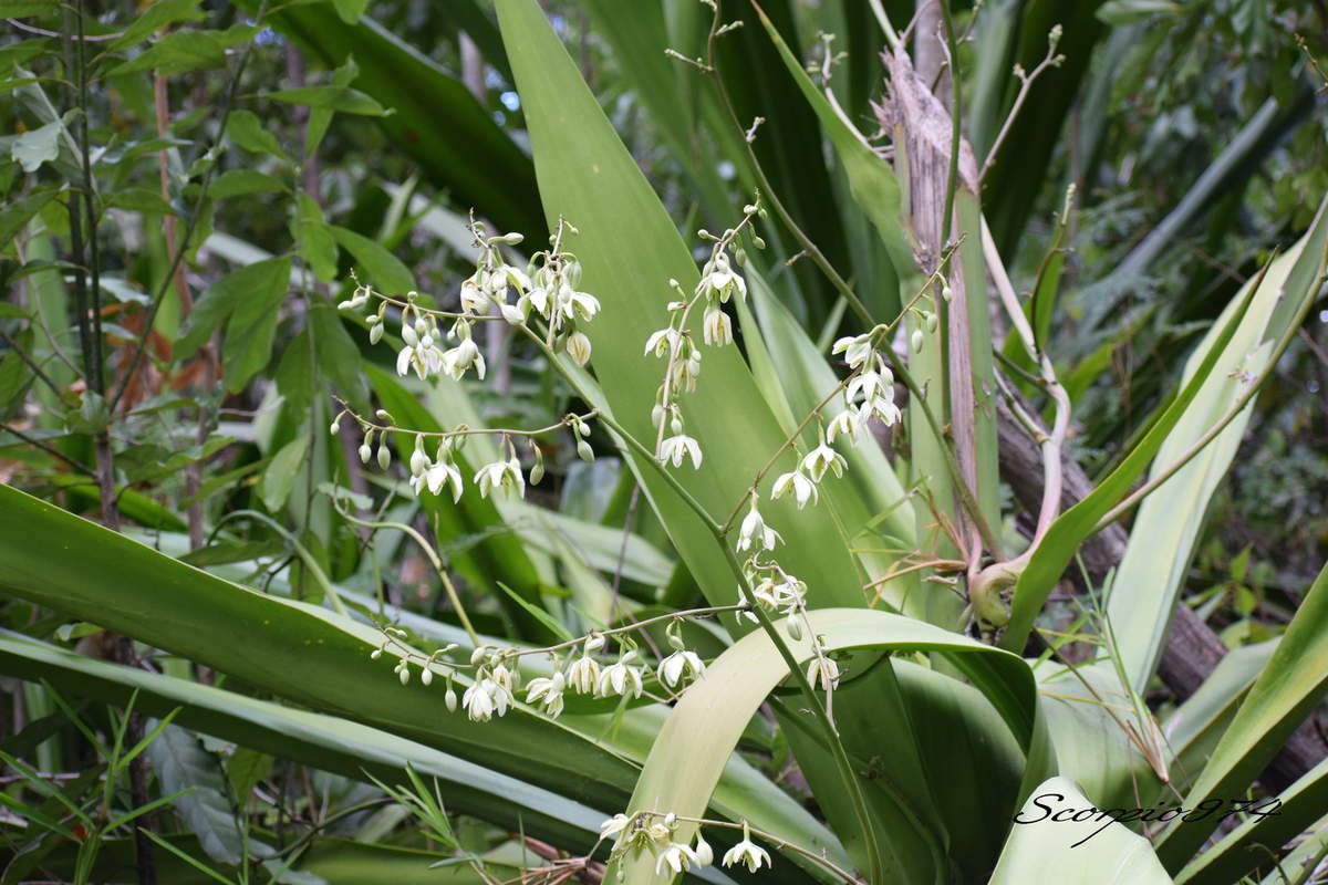 Nature, Nature 974, Nature Réunion, Nature de la Réunion, Nature à la Réunion, flore, flore 974, flore Réunion, flore de la Réunion, flore à la Réunion, flore Réunion, flore Réunion, flore de la Réunion, flore à la Réunion, communs, communs Réunion, communs 974, communs de la Réunion, communs à la Réunion, introduite, introduite 974, introduite Réunion, introduite de la Réunion, introduite à la Réunion, espèce introduite, espèce introduite 974, espèce introduite Réunion, espèce introduite de la Réunion, espèce introduite,  espèce introduite 974,  espèce introduite Réunion,  espèce introduite de la Réunion,  espèce introduite à la Réunion, introduite,  introduite 974,  introduite Réunion,  introduite de la Réunion,  introduite à la Réunion,espèce envahissante de niveau 5, espèce envahissante de niveau 5 974, espèce envahissante de niveau 5 Réunion, espèce envahissante de niveau 5 de la Réunion, espèce envahissante de niveau 5 à la Réunion, espèce envahissante de haut niveau, espèce envahissante de haut niveau 974, espèce envahissante de haut niveau Réunion, espèce envahissante de haut niveau de la Réunion, espèce envahissante de haut niveau à la Réunion, espèce envahissante cinq, espèce envahissante cinq 974, espèce envahissante cinq Réunion, espèce envahissante cinq de la Réunion, espèce envahissante cinq à la Réunion, espèce florale envahissante de niveau 5 sur 5, espèce florale envahissante de niveau 5 sur 5 974, espèce florale envahissante de niveau 5 sur 5 Réunion, espèce florale envahissante de niveau 5 sur 5 de la Réunion, espèce florale envahissante de niveau 5 sur 5 à la Réunion, espèce florale envahissante de cinq sur cinq, espèce florale envahissante de cinq sur cinq 974, espèce florale envahissante de cinq sur cinq Réunion, espèce florale envahissante de cinq sur cinq de la Réunion, espèce florale envahissante de cinq sur cinq à la Réunion, espèce florale envahissante de niveau 5, espèce florale envahissante de niveau 5 974, espèce florale envahissante de niveau 5 Réunion, espèce florale envahissante de niveau 5 de la Réunion, espèce florale envahissante de niveau 5 à la Réunion, espèce florale envahissante de haut niveau, espèce florale envahissante de haut niveau 974, espèce florale envahissante de haut niveau Réunion, espèce florale envahissante de haut niveau de la Réunion, espèce florale envahissante de haut niveau à la Réunion, espèce florale envahissante cinq, espèce florale envahissante cinq 974, espèce florale envahissante cinq Réunion, espèce florale envahissante cinq de la Réunion, espèce florale envahissante cinq à la Réunion, espèces produisant des bulbilles envahissantes de niveau 5 sur 5, espèces produisant des bulbilles envahissantes de niveau 5 sur 5 974, espèces produisant des bulbilles envahissantes de niveau 5 sur 5 Réunion, espèces produisant des bulbilles envahissantes de niveau 5 sur 5 de la Réunion, espèces produisant des bulbilles envahissantes de niveau 5 sur 5 à la Réunion, espèces produisant des bulbilles envahissantes de cinq sur cinq, espèces produisant des bulbilles envahissantes de cinq sur cinq 974, espèces produisant des bulbilles envahissantes de cinq sur cinq Réunion, espèces produisant des bulbilles envahissantes de cinq sur cinq de la Réunion, espèces produisant des bulbilles envahissantes de cinq sur cinq à la Réunion, espèces produisant des bulbilles envahissantes de niveau 5, espèces produisant des bulbilles envahissantes de niveau 5 974, espèces produisant des bulbilles envahissantes de niveau 5 Réunion, espèces produisant des bulbilles envahissantes de niveau 5 de la Réunion, espèces produisant des bulbilles envahissantes de niveau 5 à la Réunion, espèces produisant des bulbilles envahissantes de haut niveau, espèces produisant des bulbilles envahissantes de haut niveau 974, espèces produisant des bulbilles envahissantes de haut niveau Réunion, espèces produisant des bulbilles envahissantes de haut niveau de la Réunion, espèces produisant des bulbilles envahissantes de haut niveau à la Réunion, espèces produisant des bulbilles envahissantes cinq, espèces produisant des bulbilles envahissantes cinq 974, espèces produisant des bulbilles envahissantes cinq Réunion, espèces produisant des bulbilles envahissantes cinq de la Réunion, espèces produisant des bulbilles envahissantes cinq à la Réunion, espèces produisant des bulbilles envahissantes de niveau 5 sur 5, espèces produisant des bulbilles envahissantes de niveau 5 sur 5 974, espèces produisant des bulbilles envahissantes de niveau 5 sur 5 Réunion, espèces produisant des bulbilles envahissantes de niveau 5 sur 5 de la Réunion, espèces produisant des bulbilles envahissantes de niveau 5 sur 5 à la Réunion, espèces produisant des bulbilles envahissantes de cinq sur cinq, espèces produisant des bulbilles envahissantes de cinq sur cinq 974, espèces produisant des bulbilles envahissantes de cinq sur cinq Réunion, espèces produisant des bulbilles envahissantes de cinq sur cinq de la Réunion, espèces produisant des bulbilles envahissantes de cinq sur cinq à la Réunion, espèces produisant des bulbilles envahissantes de haut niveau, espèces produisant des bulbilles envahissantes de haut niveau 974, espèces produisant des bulbilles envahissantes de haut niveau Réunion, espèces produisant des bulbilles envahissantes de haut niveau de la Réunion, espèces produisant des bulbilles envahissantes de haut niveau à la Réunion, espèces produisant des bulbilles envahissantes cinq, espèces produisant des bulbilles envahissantes cinq 974, espèces produisant des bulbilles envahissantes cinq Réunion, espèces produisant des bulbilles envahissantes cinq de la Réunion, espèces produisant des bulbilles envahissantes cinq à la Réunion, espèce florale envahissantes de niveau 5 sur 5, espèce florale envahissantes de niveau 5 sur 5 974, espèce florale envahissantes de niveau 5 sur 5 Réunion, espèce florale envahissantes de niveau 5 sur 5 de la Réunion, espèce florale envahissantes de niveau 5 sur 5 à la Réunion, espèce florale envahissantes de cinq sur cinq, espèce florale envahissantes de cinq sur cinq 974, espèce florale envahissantes de cinq sur cinq Réunion, espèce florale envahissantes de cinq sur cinq de la Réunion, espèce florale envahissantes de cinq sur cinq à la Réunion, espèce florale envahissantes de niveau 5, espèce florale envahissantes de niveau 5 974, espèce florale envahissantes de niveau 5 Réunion, espèce florale envahissantes de niveau 5 de la Réunion, espèce florale envahissantes de niveau 5 à la Réunion, espèce florale envahissantes de haut niveau, espèce florale envahissantes de haut niveau 974, espèce florale envahissantes de haut niveau Réunion, espèce florale envahissantes de haut niveau de la Réunion, espèce florale envahissantes de haut niveau à la Réunion, espèce florale envahissantes cinq, espèce florale envahissantes cinq 974, espèce florale envahissantes cinq Réunion, espèce florale envahissantes cinq de la Réunion, espèce florale envahissantes cinq à la Réunion, envahissantes, envahissantes 974, envahissantes Réunion, envahissantes de la Réunion, envahissantes à la Réunion, envahissantes, envahissantes 974, envahissantes Réunion, envahissantes de la Réunion, envahissantes à la Réunion, espèce envahissantes, espèce envahissantes 974, espèce envahissantes Réunion, espèce envahissantes de la Réunion, espèce envahissantes à la Réunion, espèces à bulbilles envahissantes, espèces à bulbilles envahissantes 974, espèces à bulbilles envahissantes Réunion, espèces à bulbilles envahissantes de la Réunion, espèces à bulbilles envahissantes à la Réunion, bulbilles vertes introduites,  bulbilles vertes introduites 974, bulbilles vertes introduites Réunion, bulbilles vertes introduites de la Réunion, bulbilles vertes introduites à la Réunion, bulbilles vertes venant d'un arbre,  bulbilles vertes venant d'un arbre Réunion,  bulbilles vertes venant d'un arbre de la Réunion,  bulbilles vertes venant d'un arbre à la Réunion,  bulbilles vertes introduites,  bulbilles vertes introduites 974,  bulbilles vertes introduites Réunion,  bulbilles vertes introduites de la Réunion,  bulbilles vertes introduites à la Réunion,  espèce de bulbilles venant d'un arbre, espèce de bulbilles venant d'un arbre 974, espèce de bulbilles venant d'un arbre Réunion, espèce de bulbilles venant d'un arbre de la Réunion, espèce de bulbilles venant d'un arbre à la Réunion, bulbilles vertes envahissantes ,  bulbilles vertes envahissantes  974, bulbilles vertes envahissantes  Réunion, bulbilles vertes envahissantes  de la Réunion, bulbilles vertes envahissantes  à la Réunion, bulbilles vertes invasif,  bulbilles vertes invasif Réunion,  bulbilles vertes invasif de la Réunion,  bulbilles vertes invasif à la Réunion,  espèce de bulbilles venant d'un arbre, espèce de bulbilles venant d'un arbre 974, espèce de bulbilles venant d'un arbre Réunion, bulbilles vertes, bulbilles vertes 974, bulbilles vertes Réunion, bulbilles vertes de la Réunion,bulbilles vertes à la Réunion,  bulbilles vertes introduites 974, bulbilles vertes introduites Réunion, bulbilles vertes introduites de la Réunion, bulbilles vertes introduites à la Réunion, bulbilles vertes envahissant,  bulbilles vertes envahissant 974,  bulbilles vertes envahissant Réunion,  bulbilles vertes envahissant de la Réunion,  bulbilles vertes envahissant à la Réunion, bulbilles vertes, petite bulbilles vertes, petite bulbilles vertes 974, petite bulbilles vertes Réunion, petite bulbilles vertes de la Réunion, petite bulbilles vertes à la Réunion, petite bulbille utilisée en cuisine, petite bulbille utilisée en cuisine 974, petite bulbille utilisée en cuisine Réunion, petite bulbille utilisée en cuisine à la Réunion, petite bulbille utilisée en cuisine de la Réunion, petite bulbilles vertes envahissante, petite bulbilles vertes envahissante 974, petite bulbilles vertes envahissante Réunion, petite bulbilles vertes envahissante de la Réunion, petite bulbilles vertes envahissante à la Réunion, adventice à bulbille utilisée en cuisine,  adventice à bulbille utilisée en cuisine 974,  adventice à bulbille utilisée en cuisine Réunion,  adventice à bulbille utilisée en cuisine de la Réunion,  adventice à bulbille utilisée en cuisine à la Réunion, bulbille utilisée en cuisine, bulbille utilisée en cuisine 974, bulbille utilisée en cuisine Réunion, bulbille utilisée en cuisine de la Réunion, bulbille utilisée en cuisine à la Réunion, bulbille utilisée en cuisine commune, bulbille utilisée en cuisine commune 974, bulbille utilisée en cuisine commune Réunion, bulbille utilisée en cuisine commune de la Réunion, bulbille utilisée en cuisine commune à la Réunion, bulbilles communes, bulbilles communes 974, bulbilles communes Réunion, bulbilles communes à la Réunion, bulbilles communes de la Réunion, bulbilles vertes communes , bulbilles vertes communes  974, bulbilles vertes communes  Réunion, bulbilles vertes communes  de la Réunion, bulbilles vertes communes  à la Réunion, espèces produisant des bulbilles, espèces produisant des bulbilles 974, Réunion, espèces produisant des bulbilles de la Réunion, espèces produisant des bulbilles à la Réunion, bulbilles vertes en verticille, bulbilles vertes en verticille 974, Réunion, bulbilles vertes en verticille de la Réunion, bulbilles vertes en verticille à la Réunion, bulbilles vertes sphérique, bulbilles vertes sphérique à la Réunion, bulbilles vertes sphérique  Réunion, bulbilles vertes sphérique 974, bulbilles vertes sphérique de la Réunion, bulbilles vertes venant d'un Aloes,  bulbilles vertes venant d'un Aloes Réunion,  bulbilles vertes venant d'un Aloes de la Réunion,  bulbilles vertes venant d'un Aloes à la Réunion,  bulbilles vertes introduites,  bulbilles vertes introduites 974,  bulbilles vertes introduites Réunion,  bulbilles vertes introduites de la Réunion,  bulbilles vertes introduites à la Réunion,  espèce de bulbilles venant d'un Aloes, espèce de bulbilles venant d'un Aloes 974, espèce de bulbilles venant d'un Aloes Réunion, espèce de bulbilles venant d'un Aloes de la Réunion, espèce de bulbilles venant d'un Aloes à la Réunion, bulbilles vertes venant d'un Aloes,  bulbilles vertes venant d'un Aloes Réunion,  bulbilles vertes venant d'un Aloes de la Réunion,  bulbilles vertes venant d'un Aloes à la Réunion, espèce de bulbilles venant d'un Aloes, espèce de bulbilles venant d'un Aloes 974, espèce de bulbilles venant d'un Aloes Réunion, espèce de bulbilles venant d'un Aloes de la Réunion, espèce de bulbilles venant d'un Aloes à la Réunion, Aloes à bulbille utilisée en cuisine,  Aloes à bulbille utilisée en cuisine 974,  Aloes à bulbille utilisée en cuisine Réunion,  Aloes à bulbille utilisée en cuisine de la Réunion,  Aloes à bulbille utilisée en cuisine à la Réunion,    Asparagaceae,  Asparagaceae 974,  Asparagaceae Réunion,  Asparagaceae de la Réunion,  Asparagaceae à la Réunion, Asparagales,  Asparagales 974,  Asparagales Réunion,  Asparagales à la Réunion,  Asparagales de la Réunion, Furcraea foetida (L.) (Haw., 1812),  Furcraea foetida (L.) (Haw., 1812) 974,  Furcraea foetida (L.) (Haw., 1812) Réunion,  Furcraea foetida (L.) (Haw., 1812) de la Réunion,  Furcraea foetida (L.) (Haw., 1812) à la Réunion,  Furcraea foetida (L.) Haw. 1812,  Furcraea foetida (L.) Haw. 1812 974,  Furcraea foetida (L.) Haw. 1812 Réunion,  Furcraea foetida (L.) Haw. 1812 de la Réunion,  Furcraea foetida (L.) Haw. 1812 À la Réunion, Furcraea foetida (L.) Haw.,  Furcraea foetida (L.) Haw. 974,  Furcraea foetida (L.) Haw. Réunion,  Furcraea foetida (L.) Haw. de la Réunion,  Furcraea foetida (L.) Haw. à la Réunion, Furcraea foetida (L.) Haw, Furcraea foetida (L.) Haw 974, Furcraea foetida (L.) Haw Réunion, Furcraea foetida (L.) Haw de la Réunion,  Furcraea foetida (L.) Haw à la Réunion, Furcraea foetida (L.), Furcraea foetida (L.)974, Furcraea foetida (L.) Réunion, Furcraea foetida (L.) à la Réunion, Furcraea foetida (L.) de la Réunion, Furcraea foetida L., Furcraea foetida L. 974, Furcraea foetida L. Réunion, Furcraea foetida L. de la Réunion, Furcraea foetida L.à la Réunion, Furcraea foetida L, Furcraea foetida L 974, Furcraea foetida L Réunion, Furcraea foetida L de la Réunion, Furcraea foetida L à la Réunion, Furcraea foetida , Furcraea foetida  974, Furcraea foetida  de la Réunion, Furcraea foetida Réunion, Furcraea foetida  à la Réunion, Furcraea , Furcraea 974, Furcraea Réunion, Furcraea de la Réunion, Furcraea à la Réunion, Agave foetida (L., 1753),  Agave foetida (L., 1753) 974,  Agave foetida (L., 1753) Réunion,  Agave foetida (L., 1753) de la Réunion,  Agave foetida (L., 1753) à la Réunion, Agave foetida L. 1753,  Agave foetida L. 1753 974, Agave foetida L. 1753 Réunion, Agave foetida L. 1753 de la Réunion, Agave foetida L. 1753 à la Réunion,  Agave foetida L.,  Agave foetida L. 974,  Agave foetida L. Réunion,  Agave foetida L. de la Réunion,  Agave foetida L. à la Réunion,  Lamium,  Lamium Réunion,  Lamium de la Réunion,  Lamium à la Réunion,  Lamium 974, Agave foetida L, Agave foetida L 974, Agave foetida L Réunion, Agave foetida L de la Réunion, Agave foetida L à la Réunion, Agave foetida,  Agave foetida 974,  Agave foetida Réunion,  Agave foetida de la Réunion,  Agave foetida à la Réunion, Agave gigantea (Vent.) D.Dietr. 1840,  Agave gigantea (Vent.) D.Dietr. 1840 974,  Agave gigantea (Vent.) D.Dietr. 1840 Réunion,  Agave gigantea (Vent.) D.Dietr. 1840 de la Réunion,  Agave gigantea (Vent.) D.Dietr. 1840 à la Réunion, Agave gigantea (Vent.) (D.Dietr., 1840), Agave gigantea (Vent.) (D.Dietr., 1840) Réunion, Agave gigantea (Vent.) (D.Dietr., 1840) 974, Agave gigantea (Vent.) (D.Dietr., 1840) de la Réunion, Agave gigantea (Vent.) (D.Dietr., 1840) à la Réunion, Agave gigantea (Vent.) (D.Dietr., 1840), Agave gigantea (Vent.) (D.Dietr., 1840) de la Réunion, Agave gigantea (Vent.) (D.Dietr., 1840) à la Réunion, Furcraea gigantea (Vent., 1793), Furcraea gigantea (Vent., 1793) 974, Furcraea gigantea (Vent., 1793) Réunion, Furcraea gigantea (Vent., 1793) de la Réunion, Furcraea gigantea (Vent., 1793) à la Réunion, Furcraea gigantea Vent. 1793 ,  Furcraea gigantea Vent. 1793  974, Furcraea gigantea Vent. 1793  Réunion, Furcraea gigantea Vent. 1793  de la Réunion, Furcraea gigantea Vent. 1793  à la Réunion, Furcraea,  Furcraea 974,  Furcraea Réunion,  Furcraea de la Réunion,  Furcraea à la Réunion, Furcraea gigantea, Furcraea gigantea 974, Furcraea gigantea Réunion, Furcraea gigantea De la Réunion, Furcraea gigantea À la Réunion, Furcraea gigantea Vent,  Furcraea gigantea Vent 974, Furcraea gigantea Vent Réunion, Furcraea gigantea Vent de la Réunion, Furcraea gigantea Vent à la Réunion, Furcraea gigantea var. willemetiana Roem.,  Furcraea gigantea var. willemetiana Roem. 974, Furcraea gigantea var. willemetiana Roem. Réunion,  Furcraea gigantea var. willemetiana Roem. de la Réunion,  Furcraea gigantea var. willemetiana Roem. à la Réunion,  Furcraea gigantea var. willemetiana,  Furcraea gigantea var. willemetiana 974,  Furcraea gigantea var. willemetiana Réunion,  Furcraea gigantea var. willemetiana de la Réunion,  Furcraea gigantea var. willemetiana à la Réunion, Furcraea gigantea var., Furcraea gigantea var. 974, Furcraea gigantea var. Réunion, Furcraea gigantea var. de la Réunion, Furcraea gigantea var. à la Réunion, Furcraea foetida var. foetida (L.) Haw., Furcraea foetida var. foetida (L.) Haw. 974, Furcraea foetida var. foetida (L.) Haw. Réunion, Furcraea foetida var. foetida (L.) Haw. De la Réunion, Furcraea foetida var. foetida (L.) Haw. var. foetida (L.) (Haw., 1812) 974,  Furcraea foetida var. foetida (L.) Haw. var. foetida (L.) (Haw., 1812) Réunion,  Furcraea foetida var. foetida (L.) Haw. var. foetida (L.) (Haw., 1812) de la Réunion,  Furcraea foetida var. foetida (L.) Haw. var. foetida (L.) (Haw., 1812) à la Réunion, Furcraea foetida var. foetida (L.) Haw. 1812,  Furcraea foetida var. foetida (L.) Haw. 1812 974,  Furcraea foetida var. foetida (L.) Haw. var. foetida (L.) Haw. 1812 Réunion,  Furcraea foetida Haw. var. foetida (L.) Haw. 1812 de la Réunion,  Furcraea foetida var. foetida (L.) Haw. 1812 à la Réunion, Frucraea foetida var. Foetida., Frucraea foetida var. foetida974, Frucraea foetida var. Foetida Réunion, Frucraea foetida var. Foetida De la Réunion, Frucraea foetida var. Foetida À la Réunion,  Choca vert, Choca vert Réunion, Choca vert 974, Choca vert de la Réunion, Choca vert à la Réunion, Cadère, Cadère 974, Cadère Réunion, Cadère De la Réunion, Cadère A la Réunion, Choka, Choka 974, Choka Réunion, Choka de la Réunion, Choka à la Réunion, Choka vert, Choka vert 974, Choka vert Réunion, Choka vert de la Réunion, Choka vert à la Réunion,  Chanvre de Maurice, Chanvre de Maurice 974, Chanvre de Maurice Réunion, Chanvre de Maurice de la Réunion, Chanvre de Maurice à la Réunion, manira 974, manira Réunion, manira de la Réunion, manira à la Réunion,  manira, Aloès malgache,  Aloès malgache 974,  Aloès malgache Réunion,  Aloès malgache de la Réunion,  Aloès malgache à la Réunion, Aloès créole, Aloès créole  974, Aloès créole  de la Réunion, Aloès créole  à la Réunion, Aloès créole Réunion, Sisal,  Sisal 974,  Sisal Réunion,  Sisal de la Réunion,  Sisal à la Réunion, Mauritius hemp, Faux aloès, Faux aloès 974, Faux aloès Réunion, Faux aloès de la Réunion, Faux aloès à la Réunion,  Agave, Agave 974, Réunion, Agave de la Réunion, Agave à la Réunion, Kitani, Kitani à la Réunion, Kitani  Réunion, Kitani 974, Kitani de la Réunion, 