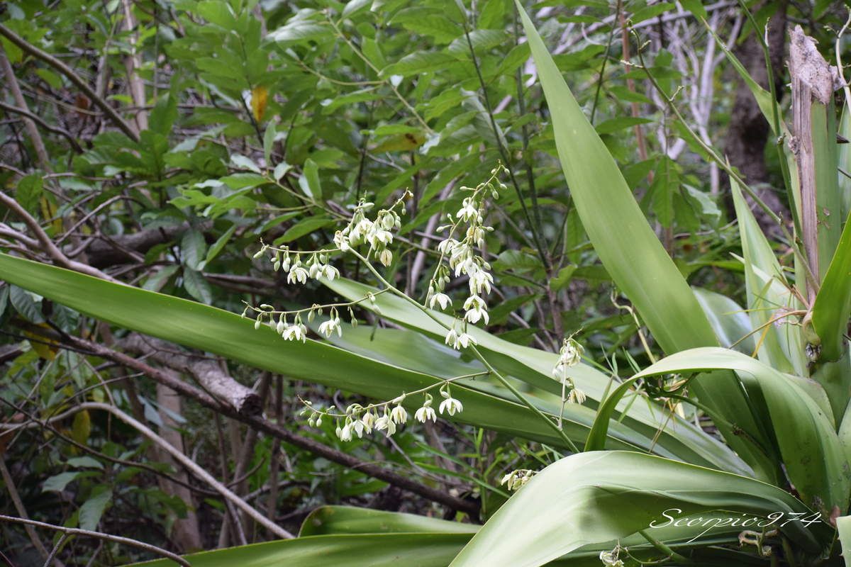 Nature, Nature 974, Nature Réunion, Nature de la Réunion, Nature à la Réunion, flore, flore 974, flore Réunion, flore de la Réunion, flore à la Réunion, flore Réunion, flore Réunion, flore de la Réunion, flore à la Réunion, communs, communs Réunion, communs 974, communs de la Réunion, communs à la Réunion, introduite, introduite 974, introduite Réunion, introduite de la Réunion, introduite à la Réunion, espèce introduite, espèce introduite 974, espèce introduite Réunion, espèce introduite de la Réunion, espèce introduite,  espèce introduite 974,  espèce introduite Réunion,  espèce introduite de la Réunion,  espèce introduite à la Réunion, introduite,  introduite 974,  introduite Réunion,  introduite de la Réunion,  introduite à la Réunion,espèce envahissante de niveau 5, espèce envahissante de niveau 5 974, espèce envahissante de niveau 5 Réunion, espèce envahissante de niveau 5 de la Réunion, espèce envahissante de niveau 5 à la Réunion, espèce envahissante de haut niveau, espèce envahissante de haut niveau 974, espèce envahissante de haut niveau Réunion, espèce envahissante de haut niveau de la Réunion, espèce envahissante de haut niveau à la Réunion, espèce envahissante cinq, espèce envahissante cinq 974, espèce envahissante cinq Réunion, espèce envahissante cinq de la Réunion, espèce envahissante cinq à la Réunion, espèce florale envahissante de niveau 5 sur 5, espèce florale envahissante de niveau 5 sur 5 974, espèce florale envahissante de niveau 5 sur 5 Réunion, espèce florale envahissante de niveau 5 sur 5 de la Réunion, espèce florale envahissante de niveau 5 sur 5 à la Réunion, espèce florale envahissante de cinq sur cinq, espèce florale envahissante de cinq sur cinq 974, espèce florale envahissante de cinq sur cinq Réunion, espèce florale envahissante de cinq sur cinq de la Réunion, espèce florale envahissante de cinq sur cinq à la Réunion, espèce florale envahissante de niveau 5, espèce florale envahissante de niveau 5 974, espèce florale envahissante de niveau 5 Réunion, espèce florale envahissante de niveau 5 de la Réunion, espèce florale envahissante de niveau 5 à la Réunion, espèce florale envahissante de haut niveau, espèce florale envahissante de haut niveau 974, espèce florale envahissante de haut niveau Réunion, espèce florale envahissante de haut niveau de la Réunion, espèce florale envahissante de haut niveau à la Réunion, espèce florale envahissante cinq, espèce florale envahissante cinq 974, espèce florale envahissante cinq Réunion, espèce florale envahissante cinq de la Réunion, espèce florale envahissante cinq à la Réunion, espèces produisant des bulbilles envahissantes de niveau 5 sur 5, espèces produisant des bulbilles envahissantes de niveau 5 sur 5 974, espèces produisant des bulbilles envahissantes de niveau 5 sur 5 Réunion, espèces produisant des bulbilles envahissantes de niveau 5 sur 5 de la Réunion, espèces produisant des bulbilles envahissantes de niveau 5 sur 5 à la Réunion, espèces produisant des bulbilles envahissantes de cinq sur cinq, espèces produisant des bulbilles envahissantes de cinq sur cinq 974, espèces produisant des bulbilles envahissantes de cinq sur cinq Réunion, espèces produisant des bulbilles envahissantes de cinq sur cinq de la Réunion, espèces produisant des bulbilles envahissantes de cinq sur cinq à la Réunion, espèces produisant des bulbilles envahissantes de niveau 5, espèces produisant des bulbilles envahissantes de niveau 5 974, espèces produisant des bulbilles envahissantes de niveau 5 Réunion, espèces produisant des bulbilles envahissantes de niveau 5 de la Réunion, espèces produisant des bulbilles envahissantes de niveau 5 à la Réunion, espèces produisant des bulbilles envahissantes de haut niveau, espèces produisant des bulbilles envahissantes de haut niveau 974, espèces produisant des bulbilles envahissantes de haut niveau Réunion, espèces produisant des bulbilles envahissantes de haut niveau de la Réunion, espèces produisant des bulbilles envahissantes de haut niveau à la Réunion, espèces produisant des bulbilles envahissantes cinq, espèces produisant des bulbilles envahissantes cinq 974, espèces produisant des bulbilles envahissantes cinq Réunion, espèces produisant des bulbilles envahissantes cinq de la Réunion, espèces produisant des bulbilles envahissantes cinq à la Réunion, espèces produisant des bulbilles envahissantes de niveau 5 sur 5, espèces produisant des bulbilles envahissantes de niveau 5 sur 5 974, espèces produisant des bulbilles envahissantes de niveau 5 sur 5 Réunion, espèces produisant des bulbilles envahissantes de niveau 5 sur 5 de la Réunion, espèces produisant des bulbilles envahissantes de niveau 5 sur 5 à la Réunion, espèces produisant des bulbilles envahissantes de cinq sur cinq, espèces produisant des bulbilles envahissantes de cinq sur cinq 974, espèces produisant des bulbilles envahissantes de cinq sur cinq Réunion, espèces produisant des bulbilles envahissantes de cinq sur cinq de la Réunion, espèces produisant des bulbilles envahissantes de cinq sur cinq à la Réunion, espèces produisant des bulbilles envahissantes de haut niveau, espèces produisant des bulbilles envahissantes de haut niveau 974, espèces produisant des bulbilles envahissantes de haut niveau Réunion, espèces produisant des bulbilles envahissantes de haut niveau de la Réunion, espèces produisant des bulbilles envahissantes de haut niveau à la Réunion, espèces produisant des bulbilles envahissantes cinq, espèces produisant des bulbilles envahissantes cinq 974, espèces produisant des bulbilles envahissantes cinq Réunion, espèces produisant des bulbilles envahissantes cinq de la Réunion, espèces produisant des bulbilles envahissantes cinq à la Réunion, espèce florale envahissantes de niveau 5 sur 5, espèce florale envahissantes de niveau 5 sur 5 974, espèce florale envahissantes de niveau 5 sur 5 Réunion, espèce florale envahissantes de niveau 5 sur 5 de la Réunion, espèce florale envahissantes de niveau 5 sur 5 à la Réunion, espèce florale envahissantes de cinq sur cinq, espèce florale envahissantes de cinq sur cinq 974, espèce florale envahissantes de cinq sur cinq Réunion, espèce florale envahissantes de cinq sur cinq de la Réunion, espèce florale envahissantes de cinq sur cinq à la Réunion, espèce florale envahissantes de niveau 5, espèce florale envahissantes de niveau 5 974, espèce florale envahissantes de niveau 5 Réunion, espèce florale envahissantes de niveau 5 de la Réunion, espèce florale envahissantes de niveau 5 à la Réunion, espèce florale envahissantes de haut niveau, espèce florale envahissantes de haut niveau 974, espèce florale envahissantes de haut niveau Réunion, espèce florale envahissantes de haut niveau de la Réunion, espèce florale envahissantes de haut niveau à la Réunion, espèce florale envahissantes cinq, espèce florale envahissantes cinq 974, espèce florale envahissantes cinq Réunion, espèce florale envahissantes cinq de la Réunion, espèce florale envahissantes cinq à la Réunion, envahissantes, envahissantes 974, envahissantes Réunion, envahissantes de la Réunion, envahissantes à la Réunion, envahissantes, envahissantes 974, envahissantes Réunion, envahissantes de la Réunion, envahissantes à la Réunion, espèce envahissantes, espèce envahissantes 974, espèce envahissantes Réunion, espèce envahissantes de la Réunion, espèce envahissantes à la Réunion, espèces à bulbilles envahissantes, espèces à bulbilles envahissantes 974, espèces à bulbilles envahissantes Réunion, espèces à bulbilles envahissantes de la Réunion, espèces à bulbilles envahissantes à la Réunion, bulbilles vertes introduites,  bulbilles vertes introduites 974, bulbilles vertes introduites Réunion, bulbilles vertes introduites de la Réunion, bulbilles vertes introduites à la Réunion, bulbilles vertes venant d'un arbre,  bulbilles vertes venant d'un arbre Réunion,  bulbilles vertes venant d'un arbre de la Réunion,  bulbilles vertes venant d'un arbre à la Réunion,  bulbilles vertes introduites,  bulbilles vertes introduites 974,  bulbilles vertes introduites Réunion,  bulbilles vertes introduites de la Réunion,  bulbilles vertes introduites à la Réunion,  espèce de bulbilles venant d'un arbre, espèce de bulbilles venant d'un arbre 974, espèce de bulbilles venant d'un arbre Réunion, espèce de bulbilles venant d'un arbre de la Réunion, espèce de bulbilles venant d'un arbre à la Réunion, bulbilles vertes envahissantes ,  bulbilles vertes envahissantes  974, bulbilles vertes envahissantes  Réunion, bulbilles vertes envahissantes  de la Réunion, bulbilles vertes envahissantes  à la Réunion, bulbilles vertes invasif,  bulbilles vertes invasif Réunion,  bulbilles vertes invasif de la Réunion,  bulbilles vertes invasif à la Réunion,  espèce de bulbilles venant d'un arbre, espèce de bulbilles venant d'un arbre 974, espèce de bulbilles venant d'un arbre Réunion, bulbilles vertes, bulbilles vertes 974, bulbilles vertes Réunion, bulbilles vertes de la Réunion,bulbilles vertes à la Réunion,  bulbilles vertes introduites 974, bulbilles vertes introduites Réunion, bulbilles vertes introduites de la Réunion, bulbilles vertes introduites à la Réunion, bulbilles vertes envahissant,  bulbilles vertes envahissant 974,  bulbilles vertes envahissant Réunion,  bulbilles vertes envahissant de la Réunion,  bulbilles vertes envahissant à la Réunion, bulbilles vertes, petite bulbilles vertes, petite bulbilles vertes 974, petite bulbilles vertes Réunion, petite bulbilles vertes de la Réunion, petite bulbilles vertes à la Réunion, petite bulbille utilisée en cuisine, petite bulbille utilisée en cuisine 974, petite bulbille utilisée en cuisine Réunion, petite bulbille utilisée en cuisine à la Réunion, petite bulbille utilisée en cuisine de la Réunion, petite bulbilles vertes envahissante, petite bulbilles vertes envahissante 974, petite bulbilles vertes envahissante Réunion, petite bulbilles vertes envahissante de la Réunion, petite bulbilles vertes envahissante à la Réunion, adventice à bulbille utilisée en cuisine,  adventice à bulbille utilisée en cuisine 974,  adventice à bulbille utilisée en cuisine Réunion,  adventice à bulbille utilisée en cuisine de la Réunion,  adventice à bulbille utilisée en cuisine à la Réunion, bulbille utilisée en cuisine, bulbille utilisée en cuisine 974, bulbille utilisée en cuisine Réunion, bulbille utilisée en cuisine de la Réunion, bulbille utilisée en cuisine à la Réunion, bulbille utilisée en cuisine commune, bulbille utilisée en cuisine commune 974, bulbille utilisée en cuisine commune Réunion, bulbille utilisée en cuisine commune de la Réunion, bulbille utilisée en cuisine commune à la Réunion, bulbilles communes, bulbilles communes 974, bulbilles communes Réunion, bulbilles communes à la Réunion, bulbilles communes de la Réunion, bulbilles vertes communes , bulbilles vertes communes  974, bulbilles vertes communes  Réunion, bulbilles vertes communes  de la Réunion, bulbilles vertes communes  à la Réunion, espèces produisant des bulbilles, espèces produisant des bulbilles 974, Réunion, espèces produisant des bulbilles de la Réunion, espèces produisant des bulbilles à la Réunion, bulbilles vertes en verticille, bulbilles vertes en verticille 974, Réunion, bulbilles vertes en verticille de la Réunion, bulbilles vertes en verticille à la Réunion, bulbilles vertes sphérique, bulbilles vertes sphérique à la Réunion, bulbilles vertes sphérique  Réunion, bulbilles vertes sphérique 974, bulbilles vertes sphérique de la Réunion, bulbilles vertes venant d'un Aloes,  bulbilles vertes venant d'un Aloes Réunion,  bulbilles vertes venant d'un Aloes de la Réunion,  bulbilles vertes venant d'un Aloes à la Réunion,  bulbilles vertes introduites,  bulbilles vertes introduites 974,  bulbilles vertes introduites Réunion,  bulbilles vertes introduites de la Réunion,  bulbilles vertes introduites à la Réunion,  espèce de bulbilles venant d'un Aloes, espèce de bulbilles venant d'un Aloes 974, espèce de bulbilles venant d'un Aloes Réunion, espèce de bulbilles venant d'un Aloes de la Réunion, espèce de bulbilles venant d'un Aloes à la Réunion, bulbilles vertes venant d'un Aloes,  bulbilles vertes venant d'un Aloes Réunion,  bulbilles vertes venant d'un Aloes de la Réunion,  bulbilles vertes venant d'un Aloes à la Réunion, espèce de bulbilles venant d'un Aloes, espèce de bulbilles venant d'un Aloes 974, espèce de bulbilles venant d'un Aloes Réunion, espèce de bulbilles venant d'un Aloes de la Réunion, espèce de bulbilles venant d'un Aloes à la Réunion, Aloes à bulbille utilisée en cuisine,  Aloes à bulbille utilisée en cuisine 974,  Aloes à bulbille utilisée en cuisine Réunion,  Aloes à bulbille utilisée en cuisine de la Réunion,  Aloes à bulbille utilisée en cuisine à la Réunion,    Asparagaceae,  Asparagaceae 974,  Asparagaceae Réunion,  Asparagaceae de la Réunion,  Asparagaceae à la Réunion, Asparagales,  Asparagales 974,  Asparagales Réunion,  Asparagales à la Réunion,  Asparagales de la Réunion, Furcraea foetida (L.) (Haw., 1812),  Furcraea foetida (L.) (Haw., 1812) 974,  Furcraea foetida (L.) (Haw., 1812) Réunion,  Furcraea foetida (L.) (Haw., 1812) de la Réunion,  Furcraea foetida (L.) (Haw., 1812) à la Réunion,  Furcraea foetida (L.) Haw. 1812,  Furcraea foetida (L.) Haw. 1812 974,  Furcraea foetida (L.) Haw. 1812 Réunion,  Furcraea foetida (L.) Haw. 1812 de la Réunion,  Furcraea foetida (L.) Haw. 1812 À la Réunion, Furcraea foetida (L.) Haw.,  Furcraea foetida (L.) Haw. 974,  Furcraea foetida (L.) Haw. Réunion,  Furcraea foetida (L.) Haw. de la Réunion,  Furcraea foetida (L.) Haw. à la Réunion, Furcraea foetida (L.) Haw, Furcraea foetida (L.) Haw 974, Furcraea foetida (L.) Haw Réunion, Furcraea foetida (L.) Haw de la Réunion,  Furcraea foetida (L.) Haw à la Réunion, Furcraea foetida (L.), Furcraea foetida (L.)974, Furcraea foetida (L.) Réunion, Furcraea foetida (L.) à la Réunion, Furcraea foetida (L.) de la Réunion, Furcraea foetida L., Furcraea foetida L. 974, Furcraea foetida L. Réunion, Furcraea foetida L. de la Réunion, Furcraea foetida L.à la Réunion, Furcraea foetida L, Furcraea foetida L 974, Furcraea foetida L Réunion, Furcraea foetida L de la Réunion, Furcraea foetida L à la Réunion, Furcraea foetida , Furcraea foetida  974, Furcraea foetida  de la Réunion, Furcraea foetida Réunion, Furcraea foetida  à la Réunion, Furcraea , Furcraea 974, Furcraea Réunion, Furcraea de la Réunion, Furcraea à la Réunion, Agave foetida (L., 1753),  Agave foetida (L., 1753) 974,  Agave foetida (L., 1753) Réunion,  Agave foetida (L., 1753) de la Réunion,  Agave foetida (L., 1753) à la Réunion, Agave foetida L. 1753,  Agave foetida L. 1753 974, Agave foetida L. 1753 Réunion, Agave foetida L. 1753 de la Réunion, Agave foetida L. 1753 à la Réunion,  Agave foetida L.,  Agave foetida L. 974,  Agave foetida L. Réunion,  Agave foetida L. de la Réunion,  Agave foetida L. à la Réunion,  Lamium,  Lamium Réunion,  Lamium de la Réunion,  Lamium à la Réunion,  Lamium 974, Agave foetida L, Agave foetida L 974, Agave foetida L Réunion, Agave foetida L de la Réunion, Agave foetida L à la Réunion, Agave foetida,  Agave foetida 974,  Agave foetida Réunion,  Agave foetida de la Réunion,  Agave foetida à la Réunion, Agave gigantea (Vent.) D.Dietr. 1840,  Agave gigantea (Vent.) D.Dietr. 1840 974,  Agave gigantea (Vent.) D.Dietr. 1840 Réunion,  Agave gigantea (Vent.) D.Dietr. 1840 de la Réunion,  Agave gigantea (Vent.) D.Dietr. 1840 à la Réunion, Agave gigantea (Vent.) (D.Dietr., 1840), Agave gigantea (Vent.) (D.Dietr., 1840) Réunion, Agave gigantea (Vent.) (D.Dietr., 1840) 974, Agave gigantea (Vent.) (D.Dietr., 1840) de la Réunion, Agave gigantea (Vent.) (D.Dietr., 1840) à la Réunion, Agave gigantea (Vent.) (D.Dietr., 1840), Agave gigantea (Vent.) (D.Dietr., 1840) de la Réunion, Agave gigantea (Vent.) (D.Dietr., 1840) à la Réunion, Furcraea gigantea (Vent., 1793), Furcraea gigantea (Vent., 1793) 974, Furcraea gigantea (Vent., 1793) Réunion, Furcraea gigantea (Vent., 1793) de la Réunion, Furcraea gigantea (Vent., 1793) à la Réunion, Furcraea gigantea Vent. 1793 ,  Furcraea gigantea Vent. 1793  974, Furcraea gigantea Vent. 1793  Réunion, Furcraea gigantea Vent. 1793  de la Réunion, Furcraea gigantea Vent. 1793  à la Réunion, Furcraea,  Furcraea 974,  Furcraea Réunion,  Furcraea de la Réunion,  Furcraea à la Réunion, Furcraea gigantea, Furcraea gigantea 974, Furcraea gigantea Réunion, Furcraea gigantea De la Réunion, Furcraea gigantea À la Réunion, Furcraea gigantea Vent,  Furcraea gigantea Vent 974, Furcraea gigantea Vent Réunion, Furcraea gigantea Vent de la Réunion, Furcraea gigantea Vent à la Réunion, Furcraea gigantea var. willemetiana Roem.,  Furcraea gigantea var. willemetiana Roem. 974, Furcraea gigantea var. willemetiana Roem. Réunion,  Furcraea gigantea var. willemetiana Roem. de la Réunion,  Furcraea gigantea var. willemetiana Roem. à la Réunion,  Furcraea gigantea var. willemetiana,  Furcraea gigantea var. willemetiana 974,  Furcraea gigantea var. willemetiana Réunion,  Furcraea gigantea var. willemetiana de la Réunion,  Furcraea gigantea var. willemetiana à la Réunion, Furcraea gigantea var., Furcraea gigantea var. 974, Furcraea gigantea var. Réunion, Furcraea gigantea var. de la Réunion, Furcraea gigantea var. à la Réunion, Furcraea foetida var. foetida (L.) Haw., Furcraea foetida var. foetida (L.) Haw. 974, Furcraea foetida var. foetida (L.) Haw. Réunion, Furcraea foetida var. foetida (L.) Haw. De la Réunion, Furcraea foetida var. foetida (L.) Haw. var. foetida (L.) (Haw., 1812) 974,  Furcraea foetida var. foetida (L.) Haw. var. foetida (L.) (Haw., 1812) Réunion,  Furcraea foetida var. foetida (L.) Haw. var. foetida (L.) (Haw., 1812) de la Réunion,  Furcraea foetida var. foetida (L.) Haw. var. foetida (L.) (Haw., 1812) à la Réunion, Furcraea foetida var. foetida (L.) Haw. 1812,  Furcraea foetida var. foetida (L.) Haw. 1812 974,  Furcraea foetida var. foetida (L.) Haw. var. foetida (L.) Haw. 1812 Réunion,  Furcraea foetida Haw. var. foetida (L.) Haw. 1812 de la Réunion,  Furcraea foetida var. foetida (L.) Haw. 1812 à la Réunion, Frucraea foetida var. Foetida., Frucraea foetida var. foetida974, Frucraea foetida var. Foetida Réunion, Frucraea foetida var. Foetida De la Réunion, Frucraea foetida var. Foetida À la Réunion,  Choca vert, Choca vert Réunion, Choca vert 974, Choca vert de la Réunion, Choca vert à la Réunion, Cadère, Cadère 974, Cadère Réunion, Cadère De la Réunion, Cadère A la Réunion, Choka, Choka 974, Choka Réunion, Choka de la Réunion, Choka à la Réunion, Choka vert, Choka vert 974, Choka vert Réunion, Choka vert de la Réunion, Choka vert à la Réunion,  Chanvre de Maurice, Chanvre de Maurice 974, Chanvre de Maurice Réunion, Chanvre de Maurice de la Réunion, Chanvre de Maurice à la Réunion, manira 974, manira Réunion, manira de la Réunion, manira à la Réunion,  manira, Aloès malgache,  Aloès malgache 974,  Aloès malgache Réunion,  Aloès malgache de la Réunion,  Aloès malgache à la Réunion, Aloès créole, Aloès créole  974, Aloès créole  de la Réunion, Aloès créole  à la Réunion, Aloès créole Réunion, Sisal,  Sisal 974,  Sisal Réunion,  Sisal de la Réunion,  Sisal à la Réunion, Mauritius hemp, Faux aloès, Faux aloès 974, Faux aloès Réunion, Faux aloès de la Réunion, Faux aloès à la Réunion,  Agave, Agave 974, Réunion, Agave de la Réunion, Agave à la Réunion, Kitani, Kitani à la Réunion, Kitani  Réunion, Kitani 974, Kitani de la Réunion, 