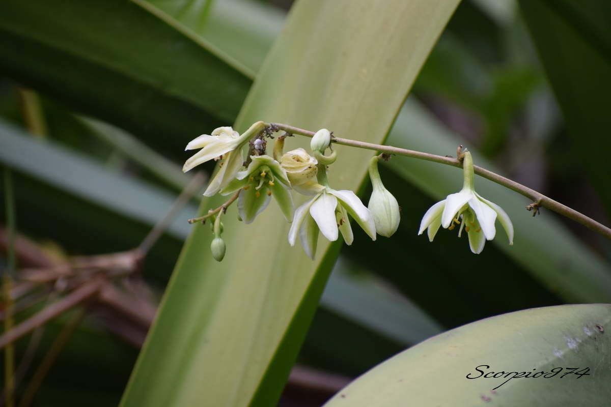 Nature, Nature 974, Nature Réunion, Nature de la Réunion, Nature à la Réunion, flore, flore 974, flore Réunion, flore de la Réunion, flore à la Réunion, flore Réunion, flore Réunion, flore de la Réunion, flore à la Réunion, communs, communs Réunion, communs 974, communs de la Réunion, communs à la Réunion, introduite, introduite 974, introduite Réunion, introduite de la Réunion, introduite à la Réunion, espèce introduite, espèce introduite 974, espèce introduite Réunion, espèce introduite de la Réunion, espèce introduite,  espèce introduite 974,  espèce introduite Réunion,  espèce introduite de la Réunion,  espèce introduite à la Réunion, introduite,  introduite 974,  introduite Réunion,  introduite de la Réunion,  introduite à la Réunion,espèce envahissante de niveau 5, espèce envahissante de niveau 5 974, espèce envahissante de niveau 5 Réunion, espèce envahissante de niveau 5 de la Réunion, espèce envahissante de niveau 5 à la Réunion, espèce envahissante de haut niveau, espèce envahissante de haut niveau 974, espèce envahissante de haut niveau Réunion, espèce envahissante de haut niveau de la Réunion, espèce envahissante de haut niveau à la Réunion, espèce envahissante cinq, espèce envahissante cinq 974, espèce envahissante cinq Réunion, espèce envahissante cinq de la Réunion, espèce envahissante cinq à la Réunion, espèce florale envahissante de niveau 5 sur 5, espèce florale envahissante de niveau 5 sur 5 974, espèce florale envahissante de niveau 5 sur 5 Réunion, espèce florale envahissante de niveau 5 sur 5 de la Réunion, espèce florale envahissante de niveau 5 sur 5 à la Réunion, espèce florale envahissante de cinq sur cinq, espèce florale envahissante de cinq sur cinq 974, espèce florale envahissante de cinq sur cinq Réunion, espèce florale envahissante de cinq sur cinq de la Réunion, espèce florale envahissante de cinq sur cinq à la Réunion, espèce florale envahissante de niveau 5, espèce florale envahissante de niveau 5 974, espèce florale envahissante de niveau 5 Réunion, espèce florale envahissante de niveau 5 de la Réunion, espèce florale envahissante de niveau 5 à la Réunion, espèce florale envahissante de haut niveau, espèce florale envahissante de haut niveau 974, espèce florale envahissante de haut niveau Réunion, espèce florale envahissante de haut niveau de la Réunion, espèce florale envahissante de haut niveau à la Réunion, espèce florale envahissante cinq, espèce florale envahissante cinq 974, espèce florale envahissante cinq Réunion, espèce florale envahissante cinq de la Réunion, espèce florale envahissante cinq à la Réunion, espèces produisant des bulbilles envahissantes de niveau 5 sur 5, espèces produisant des bulbilles envahissantes de niveau 5 sur 5 974, espèces produisant des bulbilles envahissantes de niveau 5 sur 5 Réunion, espèces produisant des bulbilles envahissantes de niveau 5 sur 5 de la Réunion, espèces produisant des bulbilles envahissantes de niveau 5 sur 5 à la Réunion, espèces produisant des bulbilles envahissantes de cinq sur cinq, espèces produisant des bulbilles envahissantes de cinq sur cinq 974, espèces produisant des bulbilles envahissantes de cinq sur cinq Réunion, espèces produisant des bulbilles envahissantes de cinq sur cinq de la Réunion, espèces produisant des bulbilles envahissantes de cinq sur cinq à la Réunion, espèces produisant des bulbilles envahissantes de niveau 5, espèces produisant des bulbilles envahissantes de niveau 5 974, espèces produisant des bulbilles envahissantes de niveau 5 Réunion, espèces produisant des bulbilles envahissantes de niveau 5 de la Réunion, espèces produisant des bulbilles envahissantes de niveau 5 à la Réunion, espèces produisant des bulbilles envahissantes de haut niveau, espèces produisant des bulbilles envahissantes de haut niveau 974, espèces produisant des bulbilles envahissantes de haut niveau Réunion, espèces produisant des bulbilles envahissantes de haut niveau de la Réunion, espèces produisant des bulbilles envahissantes de haut niveau à la Réunion, espèces produisant des bulbilles envahissantes cinq, espèces produisant des bulbilles envahissantes cinq 974, espèces produisant des bulbilles envahissantes cinq Réunion, espèces produisant des bulbilles envahissantes cinq de la Réunion, espèces produisant des bulbilles envahissantes cinq à la Réunion, espèces produisant des bulbilles envahissantes de niveau 5 sur 5, espèces produisant des bulbilles envahissantes de niveau 5 sur 5 974, espèces produisant des bulbilles envahissantes de niveau 5 sur 5 Réunion, espèces produisant des bulbilles envahissantes de niveau 5 sur 5 de la Réunion, espèces produisant des bulbilles envahissantes de niveau 5 sur 5 à la Réunion, espèces produisant des bulbilles envahissantes de cinq sur cinq, espèces produisant des bulbilles envahissantes de cinq sur cinq 974, espèces produisant des bulbilles envahissantes de cinq sur cinq Réunion, espèces produisant des bulbilles envahissantes de cinq sur cinq de la Réunion, espèces produisant des bulbilles envahissantes de cinq sur cinq à la Réunion, espèces produisant des bulbilles envahissantes de haut niveau, espèces produisant des bulbilles envahissantes de haut niveau 974, espèces produisant des bulbilles envahissantes de haut niveau Réunion, espèces produisant des bulbilles envahissantes de haut niveau de la Réunion, espèces produisant des bulbilles envahissantes de haut niveau à la Réunion, espèces produisant des bulbilles envahissantes cinq, espèces produisant des bulbilles envahissantes cinq 974, espèces produisant des bulbilles envahissantes cinq Réunion, espèces produisant des bulbilles envahissantes cinq de la Réunion, espèces produisant des bulbilles envahissantes cinq à la Réunion, espèce florale envahissantes de niveau 5 sur 5, espèce florale envahissantes de niveau 5 sur 5 974, espèce florale envahissantes de niveau 5 sur 5 Réunion, espèce florale envahissantes de niveau 5 sur 5 de la Réunion, espèce florale envahissantes de niveau 5 sur 5 à la Réunion, espèce florale envahissantes de cinq sur cinq, espèce florale envahissantes de cinq sur cinq 974, espèce florale envahissantes de cinq sur cinq Réunion, espèce florale envahissantes de cinq sur cinq de la Réunion, espèce florale envahissantes de cinq sur cinq à la Réunion, espèce florale envahissantes de niveau 5, espèce florale envahissantes de niveau 5 974, espèce florale envahissantes de niveau 5 Réunion, espèce florale envahissantes de niveau 5 de la Réunion, espèce florale envahissantes de niveau 5 à la Réunion, espèce florale envahissantes de haut niveau, espèce florale envahissantes de haut niveau 974, espèce florale envahissantes de haut niveau Réunion, espèce florale envahissantes de haut niveau de la Réunion, espèce florale envahissantes de haut niveau à la Réunion, espèce florale envahissantes cinq, espèce florale envahissantes cinq 974, espèce florale envahissantes cinq Réunion, espèce florale envahissantes cinq de la Réunion, espèce florale envahissantes cinq à la Réunion, envahissantes, envahissantes 974, envahissantes Réunion, envahissantes de la Réunion, envahissantes à la Réunion, envahissantes, envahissantes 974, envahissantes Réunion, envahissantes de la Réunion, envahissantes à la Réunion, espèce envahissantes, espèce envahissantes 974, espèce envahissantes Réunion, espèce envahissantes de la Réunion, espèce envahissantes à la Réunion, espèces à bulbilles envahissantes, espèces à bulbilles envahissantes 974, espèces à bulbilles envahissantes Réunion, espèces à bulbilles envahissantes de la Réunion, espèces à bulbilles envahissantes à la Réunion, bulbilles vertes introduites,  bulbilles vertes introduites 974, bulbilles vertes introduites Réunion, bulbilles vertes introduites de la Réunion, bulbilles vertes introduites à la Réunion, bulbilles vertes venant d'un arbre,  bulbilles vertes venant d'un arbre Réunion,  bulbilles vertes venant d'un arbre de la Réunion,  bulbilles vertes venant d'un arbre à la Réunion,  bulbilles vertes introduites,  bulbilles vertes introduites 974,  bulbilles vertes introduites Réunion,  bulbilles vertes introduites de la Réunion,  bulbilles vertes introduites à la Réunion,  espèce de bulbilles venant d'un arbre, espèce de bulbilles venant d'un arbre 974, espèce de bulbilles venant d'un arbre Réunion, espèce de bulbilles venant d'un arbre de la Réunion, espèce de bulbilles venant d'un arbre à la Réunion, bulbilles vertes envahissantes ,  bulbilles vertes envahissantes  974, bulbilles vertes envahissantes  Réunion, bulbilles vertes envahissantes  de la Réunion, bulbilles vertes envahissantes  à la Réunion, bulbilles vertes invasif,  bulbilles vertes invasif Réunion,  bulbilles vertes invasif de la Réunion,  bulbilles vertes invasif à la Réunion,  espèce de bulbilles venant d'un arbre, espèce de bulbilles venant d'un arbre 974, espèce de bulbilles venant d'un arbre Réunion, bulbilles vertes, bulbilles vertes 974, bulbilles vertes Réunion, bulbilles vertes de la Réunion,bulbilles vertes à la Réunion,  bulbilles vertes introduites 974, bulbilles vertes introduites Réunion, bulbilles vertes introduites de la Réunion, bulbilles vertes introduites à la Réunion, bulbilles vertes envahissant,  bulbilles vertes envahissant 974,  bulbilles vertes envahissant Réunion,  bulbilles vertes envahissant de la Réunion,  bulbilles vertes envahissant à la Réunion, bulbilles vertes, petite bulbilles vertes, petite bulbilles vertes 974, petite bulbilles vertes Réunion, petite bulbilles vertes de la Réunion, petite bulbilles vertes à la Réunion, petite bulbille utilisée en cuisine, petite bulbille utilisée en cuisine 974, petite bulbille utilisée en cuisine Réunion, petite bulbille utilisée en cuisine à la Réunion, petite bulbille utilisée en cuisine de la Réunion, petite bulbilles vertes envahissante, petite bulbilles vertes envahissante 974, petite bulbilles vertes envahissante Réunion, petite bulbilles vertes envahissante de la Réunion, petite bulbilles vertes envahissante à la Réunion, adventice à bulbille utilisée en cuisine,  adventice à bulbille utilisée en cuisine 974,  adventice à bulbille utilisée en cuisine Réunion,  adventice à bulbille utilisée en cuisine de la Réunion,  adventice à bulbille utilisée en cuisine à la Réunion, bulbille utilisée en cuisine, bulbille utilisée en cuisine 974, bulbille utilisée en cuisine Réunion, bulbille utilisée en cuisine de la Réunion, bulbille utilisée en cuisine à la Réunion, bulbille utilisée en cuisine commune, bulbille utilisée en cuisine commune 974, bulbille utilisée en cuisine commune Réunion, bulbille utilisée en cuisine commune de la Réunion, bulbille utilisée en cuisine commune à la Réunion, bulbilles communes, bulbilles communes 974, bulbilles communes Réunion, bulbilles communes à la Réunion, bulbilles communes de la Réunion, bulbilles vertes communes , bulbilles vertes communes  974, bulbilles vertes communes  Réunion, bulbilles vertes communes  de la Réunion, bulbilles vertes communes  à la Réunion, espèces produisant des bulbilles, espèces produisant des bulbilles 974, Réunion, espèces produisant des bulbilles de la Réunion, espèces produisant des bulbilles à la Réunion, bulbilles vertes en verticille, bulbilles vertes en verticille 974, Réunion, bulbilles vertes en verticille de la Réunion, bulbilles vertes en verticille à la Réunion, bulbilles vertes sphérique, bulbilles vertes sphérique à la Réunion, bulbilles vertes sphérique  Réunion, bulbilles vertes sphérique 974, bulbilles vertes sphérique de la Réunion, bulbilles vertes venant d'un Aloes,  bulbilles vertes venant d'un Aloes Réunion,  bulbilles vertes venant d'un Aloes de la Réunion,  bulbilles vertes venant d'un Aloes à la Réunion,  bulbilles vertes introduites,  bulbilles vertes introduites 974,  bulbilles vertes introduites Réunion,  bulbilles vertes introduites de la Réunion,  bulbilles vertes introduites à la Réunion,  espèce de bulbilles venant d'un Aloes, espèce de bulbilles venant d'un Aloes 974, espèce de bulbilles venant d'un Aloes Réunion, espèce de bulbilles venant d'un Aloes de la Réunion, espèce de bulbilles venant d'un Aloes à la Réunion, bulbilles vertes venant d'un Aloes,  bulbilles vertes venant d'un Aloes Réunion,  bulbilles vertes venant d'un Aloes de la Réunion,  bulbilles vertes venant d'un Aloes à la Réunion, espèce de bulbilles venant d'un Aloes, espèce de bulbilles venant d'un Aloes 974, espèce de bulbilles venant d'un Aloes Réunion, espèce de bulbilles venant d'un Aloes de la Réunion, espèce de bulbilles venant d'un Aloes à la Réunion, Aloes à bulbille utilisée en cuisine,  Aloes à bulbille utilisée en cuisine 974,  Aloes à bulbille utilisée en cuisine Réunion,  Aloes à bulbille utilisée en cuisine de la Réunion,  Aloes à bulbille utilisée en cuisine à la Réunion,    Asparagaceae,  Asparagaceae 974,  Asparagaceae Réunion,  Asparagaceae de la Réunion,  Asparagaceae à la Réunion, Asparagales,  Asparagales 974,  Asparagales Réunion,  Asparagales à la Réunion,  Asparagales de la Réunion, Furcraea foetida (L.) (Haw., 1812),  Furcraea foetida (L.) (Haw., 1812) 974,  Furcraea foetida (L.) (Haw., 1812) Réunion,  Furcraea foetida (L.) (Haw., 1812) de la Réunion,  Furcraea foetida (L.) (Haw., 1812) à la Réunion,  Furcraea foetida (L.) Haw. 1812,  Furcraea foetida (L.) Haw. 1812 974,  Furcraea foetida (L.) Haw. 1812 Réunion,  Furcraea foetida (L.) Haw. 1812 de la Réunion,  Furcraea foetida (L.) Haw. 1812 À la Réunion, Furcraea foetida (L.) Haw.,  Furcraea foetida (L.) Haw. 974,  Furcraea foetida (L.) Haw. Réunion,  Furcraea foetida (L.) Haw. de la Réunion,  Furcraea foetida (L.) Haw. à la Réunion, Furcraea foetida (L.) Haw, Furcraea foetida (L.) Haw 974, Furcraea foetida (L.) Haw Réunion, Furcraea foetida (L.) Haw de la Réunion,  Furcraea foetida (L.) Haw à la Réunion, Furcraea foetida (L.), Furcraea foetida (L.)974, Furcraea foetida (L.) Réunion, Furcraea foetida (L.) à la Réunion, Furcraea foetida (L.) de la Réunion, Furcraea foetida L., Furcraea foetida L. 974, Furcraea foetida L. Réunion, Furcraea foetida L. de la Réunion, Furcraea foetida L.à la Réunion, Furcraea foetida L, Furcraea foetida L 974, Furcraea foetida L Réunion, Furcraea foetida L de la Réunion, Furcraea foetida L à la Réunion, Furcraea foetida , Furcraea foetida  974, Furcraea foetida  de la Réunion, Furcraea foetida Réunion, Furcraea foetida  à la Réunion, Furcraea , Furcraea 974, Furcraea Réunion, Furcraea de la Réunion, Furcraea à la Réunion, Agave foetida (L., 1753),  Agave foetida (L., 1753) 974,  Agave foetida (L., 1753) Réunion,  Agave foetida (L., 1753) de la Réunion,  Agave foetida (L., 1753) à la Réunion, Agave foetida L. 1753,  Agave foetida L. 1753 974, Agave foetida L. 1753 Réunion, Agave foetida L. 1753 de la Réunion, Agave foetida L. 1753 à la Réunion,  Agave foetida L.,  Agave foetida L. 974,  Agave foetida L. Réunion,  Agave foetida L. de la Réunion,  Agave foetida L. à la Réunion,  Lamium,  Lamium Réunion,  Lamium de la Réunion,  Lamium à la Réunion,  Lamium 974, Agave foetida L, Agave foetida L 974, Agave foetida L Réunion, Agave foetida L de la Réunion, Agave foetida L à la Réunion, Agave foetida,  Agave foetida 974,  Agave foetida Réunion,  Agave foetida de la Réunion,  Agave foetida à la Réunion, Agave gigantea (Vent.) D.Dietr. 1840,  Agave gigantea (Vent.) D.Dietr. 1840 974,  Agave gigantea (Vent.) D.Dietr. 1840 Réunion,  Agave gigantea (Vent.) D.Dietr. 1840 de la Réunion,  Agave gigantea (Vent.) D.Dietr. 1840 à la Réunion, Agave gigantea (Vent.) (D.Dietr., 1840), Agave gigantea (Vent.) (D.Dietr., 1840) Réunion, Agave gigantea (Vent.) (D.Dietr., 1840) 974, Agave gigantea (Vent.) (D.Dietr., 1840) de la Réunion, Agave gigantea (Vent.) (D.Dietr., 1840) à la Réunion, Agave gigantea (Vent.) (D.Dietr., 1840), Agave gigantea (Vent.) (D.Dietr., 1840) de la Réunion, Agave gigantea (Vent.) (D.Dietr., 1840) à la Réunion, Furcraea gigantea (Vent., 1793), Furcraea gigantea (Vent., 1793) 974, Furcraea gigantea (Vent., 1793) Réunion, Furcraea gigantea (Vent., 1793) de la Réunion, Furcraea gigantea (Vent., 1793) à la Réunion, Furcraea gigantea Vent. 1793 ,  Furcraea gigantea Vent. 1793  974, Furcraea gigantea Vent. 1793  Réunion, Furcraea gigantea Vent. 1793  de la Réunion, Furcraea gigantea Vent. 1793  à la Réunion, Furcraea,  Furcraea 974,  Furcraea Réunion,  Furcraea de la Réunion,  Furcraea à la Réunion, Furcraea gigantea, Furcraea gigantea 974, Furcraea gigantea Réunion, Furcraea gigantea De la Réunion, Furcraea gigantea À la Réunion, Furcraea gigantea Vent,  Furcraea gigantea Vent 974, Furcraea gigantea Vent Réunion, Furcraea gigantea Vent de la Réunion, Furcraea gigantea Vent à la Réunion, Furcraea gigantea var. willemetiana Roem.,  Furcraea gigantea var. willemetiana Roem. 974, Furcraea gigantea var. willemetiana Roem. Réunion,  Furcraea gigantea var. willemetiana Roem. de la Réunion,  Furcraea gigantea var. willemetiana Roem. à la Réunion,  Furcraea gigantea var. willemetiana,  Furcraea gigantea var. willemetiana 974,  Furcraea gigantea var. willemetiana Réunion,  Furcraea gigantea var. willemetiana de la Réunion,  Furcraea gigantea var. willemetiana à la Réunion, Furcraea gigantea var., Furcraea gigantea var. 974, Furcraea gigantea var. Réunion, Furcraea gigantea var. de la Réunion, Furcraea gigantea var. à la Réunion, Furcraea foetida var. foetida (L.) Haw., Furcraea foetida var. foetida (L.) Haw. 974, Furcraea foetida var. foetida (L.) Haw. Réunion, Furcraea foetida var. foetida (L.) Haw. De la Réunion, Furcraea foetida var. foetida (L.) Haw. var. foetida (L.) (Haw., 1812) 974,  Furcraea foetida var. foetida (L.) Haw. var. foetida (L.) (Haw., 1812) Réunion,  Furcraea foetida var. foetida (L.) Haw. var. foetida (L.) (Haw., 1812) de la Réunion,  Furcraea foetida var. foetida (L.) Haw. var. foetida (L.) (Haw., 1812) à la Réunion, Furcraea foetida var. foetida (L.) Haw. 1812,  Furcraea foetida var. foetida (L.) Haw. 1812 974,  Furcraea foetida var. foetida (L.) Haw. var. foetida (L.) Haw. 1812 Réunion,  Furcraea foetida Haw. var. foetida (L.) Haw. 1812 de la Réunion,  Furcraea foetida var. foetida (L.) Haw. 1812 à la Réunion, Frucraea foetida var. Foetida., Frucraea foetida var. foetida974, Frucraea foetida var. Foetida Réunion, Frucraea foetida var. Foetida De la Réunion, Frucraea foetida var. Foetida À la Réunion,  Choca vert, Choca vert Réunion, Choca vert 974, Choca vert de la Réunion, Choca vert à la Réunion, Cadère, Cadère 974, Cadère Réunion, Cadère De la Réunion, Cadère A la Réunion, Choka, Choka 974, Choka Réunion, Choka de la Réunion, Choka à la Réunion, Choka vert, Choka vert 974, Choka vert Réunion, Choka vert de la Réunion, Choka vert à la Réunion,  Chanvre de Maurice, Chanvre de Maurice 974, Chanvre de Maurice Réunion, Chanvre de Maurice de la Réunion, Chanvre de Maurice à la Réunion, manira 974, manira Réunion, manira de la Réunion, manira à la Réunion,  manira, Aloès malgache,  Aloès malgache 974,  Aloès malgache Réunion,  Aloès malgache de la Réunion,  Aloès malgache à la Réunion, Aloès créole, Aloès créole  974, Aloès créole  de la Réunion, Aloès créole  à la Réunion, Aloès créole Réunion, Sisal,  Sisal 974,  Sisal Réunion,  Sisal de la Réunion,  Sisal à la Réunion, Mauritius hemp, Faux aloès, Faux aloès 974, Faux aloès Réunion, Faux aloès de la Réunion, Faux aloès à la Réunion,  Agave, Agave 974, Réunion, Agave de la Réunion, Agave à la Réunion, Kitani, Kitani à la Réunion, Kitani  Réunion, Kitani 974, Kitani de la Réunion, 
