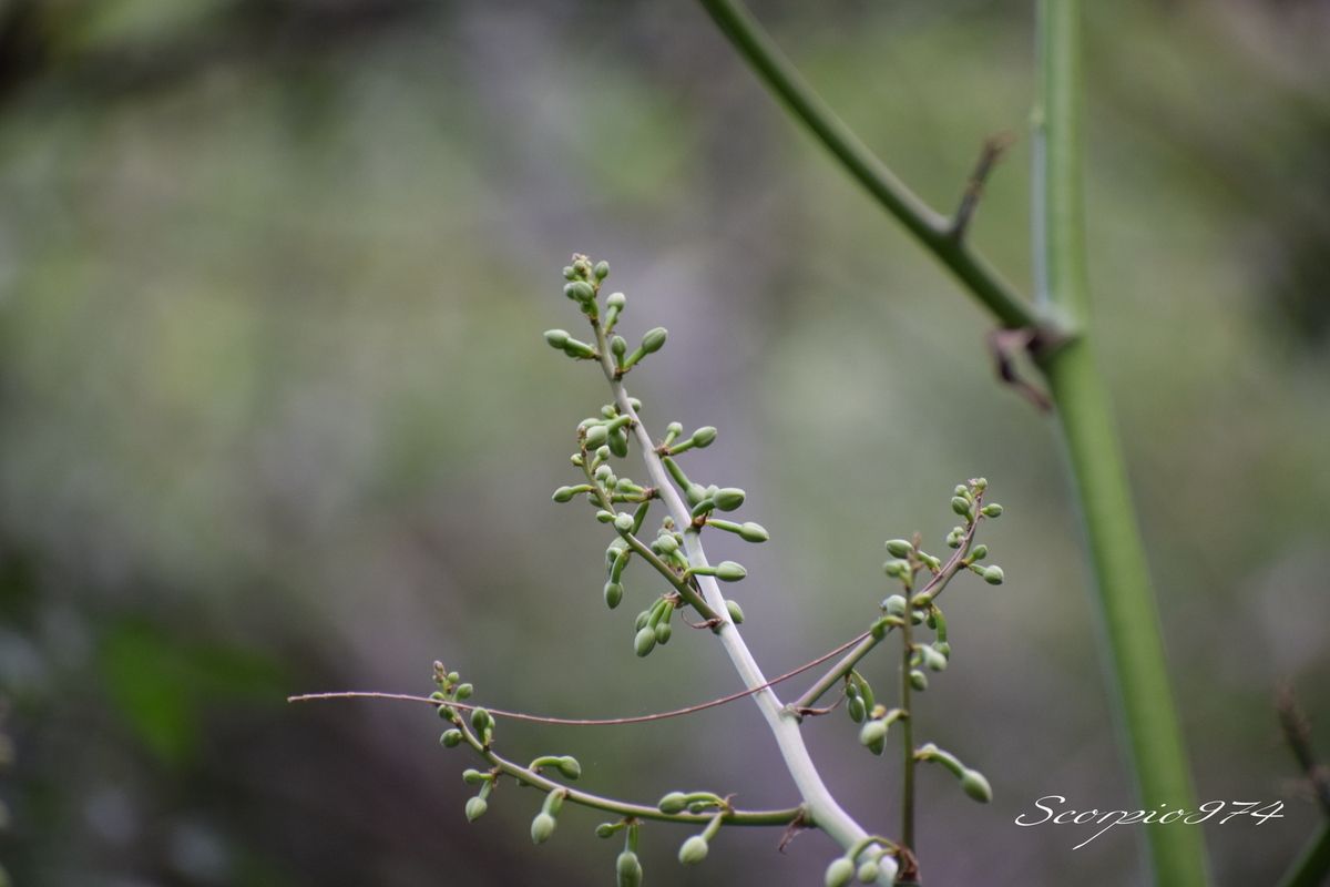 Nature, Nature 974, Nature Réunion, Nature de la Réunion, Nature à la Réunion, flore, flore 974, flore Réunion, flore de la Réunion, flore à la Réunion, flore Réunion, flore Réunion, flore de la Réunion, flore à la Réunion, communs, communs Réunion, communs 974, communs de la Réunion, communs à la Réunion, introduite, introduite 974, introduite Réunion, introduite de la Réunion, introduite à la Réunion, espèce introduite, espèce introduite 974, espèce introduite Réunion, espèce introduite de la Réunion, espèce introduite,  espèce introduite 974,  espèce introduite Réunion,  espèce introduite de la Réunion,  espèce introduite à la Réunion, introduite,  introduite 974,  introduite Réunion,  introduite de la Réunion,  introduite à la Réunion,espèce envahissante de niveau 5, espèce envahissante de niveau 5 974, espèce envahissante de niveau 5 Réunion, espèce envahissante de niveau 5 de la Réunion, espèce envahissante de niveau 5 à la Réunion, espèce envahissante de haut niveau, espèce envahissante de haut niveau 974, espèce envahissante de haut niveau Réunion, espèce envahissante de haut niveau de la Réunion, espèce envahissante de haut niveau à la Réunion, espèce envahissante cinq, espèce envahissante cinq 974, espèce envahissante cinq Réunion, espèce envahissante cinq de la Réunion, espèce envahissante cinq à la Réunion, espèce florale envahissante de niveau 5 sur 5, espèce florale envahissante de niveau 5 sur 5 974, espèce florale envahissante de niveau 5 sur 5 Réunion, espèce florale envahissante de niveau 5 sur 5 de la Réunion, espèce florale envahissante de niveau 5 sur 5 à la Réunion, espèce florale envahissante de cinq sur cinq, espèce florale envahissante de cinq sur cinq 974, espèce florale envahissante de cinq sur cinq Réunion, espèce florale envahissante de cinq sur cinq de la Réunion, espèce florale envahissante de cinq sur cinq à la Réunion, espèce florale envahissante de niveau 5, espèce florale envahissante de niveau 5 974, espèce florale envahissante de niveau 5 Réunion, espèce florale envahissante de niveau 5 de la Réunion, espèce florale envahissante de niveau 5 à la Réunion, espèce florale envahissante de haut niveau, espèce florale envahissante de haut niveau 974, espèce florale envahissante de haut niveau Réunion, espèce florale envahissante de haut niveau de la Réunion, espèce florale envahissante de haut niveau à la Réunion, espèce florale envahissante cinq, espèce florale envahissante cinq 974, espèce florale envahissante cinq Réunion, espèce florale envahissante cinq de la Réunion, espèce florale envahissante cinq à la Réunion, espèces produisant des bulbilles envahissantes de niveau 5 sur 5, espèces produisant des bulbilles envahissantes de niveau 5 sur 5 974, espèces produisant des bulbilles envahissantes de niveau 5 sur 5 Réunion, espèces produisant des bulbilles envahissantes de niveau 5 sur 5 de la Réunion, espèces produisant des bulbilles envahissantes de niveau 5 sur 5 à la Réunion, espèces produisant des bulbilles envahissantes de cinq sur cinq, espèces produisant des bulbilles envahissantes de cinq sur cinq 974, espèces produisant des bulbilles envahissantes de cinq sur cinq Réunion, espèces produisant des bulbilles envahissantes de cinq sur cinq de la Réunion, espèces produisant des bulbilles envahissantes de cinq sur cinq à la Réunion, espèces produisant des bulbilles envahissantes de niveau 5, espèces produisant des bulbilles envahissantes de niveau 5 974, espèces produisant des bulbilles envahissantes de niveau 5 Réunion, espèces produisant des bulbilles envahissantes de niveau 5 de la Réunion, espèces produisant des bulbilles envahissantes de niveau 5 à la Réunion, espèces produisant des bulbilles envahissantes de haut niveau, espèces produisant des bulbilles envahissantes de haut niveau 974, espèces produisant des bulbilles envahissantes de haut niveau Réunion, espèces produisant des bulbilles envahissantes de haut niveau de la Réunion, espèces produisant des bulbilles envahissantes de haut niveau à la Réunion, espèces produisant des bulbilles envahissantes cinq, espèces produisant des bulbilles envahissantes cinq 974, espèces produisant des bulbilles envahissantes cinq Réunion, espèces produisant des bulbilles envahissantes cinq de la Réunion, espèces produisant des bulbilles envahissantes cinq à la Réunion, espèces produisant des bulbilles envahissantes de niveau 5 sur 5, espèces produisant des bulbilles envahissantes de niveau 5 sur 5 974, espèces produisant des bulbilles envahissantes de niveau 5 sur 5 Réunion, espèces produisant des bulbilles envahissantes de niveau 5 sur 5 de la Réunion, espèces produisant des bulbilles envahissantes de niveau 5 sur 5 à la Réunion, espèces produisant des bulbilles envahissantes de cinq sur cinq, espèces produisant des bulbilles envahissantes de cinq sur cinq 974, espèces produisant des bulbilles envahissantes de cinq sur cinq Réunion, espèces produisant des bulbilles envahissantes de cinq sur cinq de la Réunion, espèces produisant des bulbilles envahissantes de cinq sur cinq à la Réunion, espèces produisant des bulbilles envahissantes de haut niveau, espèces produisant des bulbilles envahissantes de haut niveau 974, espèces produisant des bulbilles envahissantes de haut niveau Réunion, espèces produisant des bulbilles envahissantes de haut niveau de la Réunion, espèces produisant des bulbilles envahissantes de haut niveau à la Réunion, espèces produisant des bulbilles envahissantes cinq, espèces produisant des bulbilles envahissantes cinq 974, espèces produisant des bulbilles envahissantes cinq Réunion, espèces produisant des bulbilles envahissantes cinq de la Réunion, espèces produisant des bulbilles envahissantes cinq à la Réunion, espèce florale envahissantes de niveau 5 sur 5, espèce florale envahissantes de niveau 5 sur 5 974, espèce florale envahissantes de niveau 5 sur 5 Réunion, espèce florale envahissantes de niveau 5 sur 5 de la Réunion, espèce florale envahissantes de niveau 5 sur 5 à la Réunion, espèce florale envahissantes de cinq sur cinq, espèce florale envahissantes de cinq sur cinq 974, espèce florale envahissantes de cinq sur cinq Réunion, espèce florale envahissantes de cinq sur cinq de la Réunion, espèce florale envahissantes de cinq sur cinq à la Réunion, espèce florale envahissantes de niveau 5, espèce florale envahissantes de niveau 5 974, espèce florale envahissantes de niveau 5 Réunion, espèce florale envahissantes de niveau 5 de la Réunion, espèce florale envahissantes de niveau 5 à la Réunion, espèce florale envahissantes de haut niveau, espèce florale envahissantes de haut niveau 974, espèce florale envahissantes de haut niveau Réunion, espèce florale envahissantes de haut niveau de la Réunion, espèce florale envahissantes de haut niveau à la Réunion, espèce florale envahissantes cinq, espèce florale envahissantes cinq 974, espèce florale envahissantes cinq Réunion, espèce florale envahissantes cinq de la Réunion, espèce florale envahissantes cinq à la Réunion, envahissantes, envahissantes 974, envahissantes Réunion, envahissantes de la Réunion, envahissantes à la Réunion, envahissantes, envahissantes 974, envahissantes Réunion, envahissantes de la Réunion, envahissantes à la Réunion, espèce envahissantes, espèce envahissantes 974, espèce envahissantes Réunion, espèce envahissantes de la Réunion, espèce envahissantes à la Réunion, espèces à bulbilles envahissantes, espèces à bulbilles envahissantes 974, espèces à bulbilles envahissantes Réunion, espèces à bulbilles envahissantes de la Réunion, espèces à bulbilles envahissantes à la Réunion, bulbilles vertes introduites,  bulbilles vertes introduites 974, bulbilles vertes introduites Réunion, bulbilles vertes introduites de la Réunion, bulbilles vertes introduites à la Réunion, bulbilles vertes venant d'un arbre,  bulbilles vertes venant d'un arbre Réunion,  bulbilles vertes venant d'un arbre de la Réunion,  bulbilles vertes venant d'un arbre à la Réunion,  bulbilles vertes introduites,  bulbilles vertes introduites 974,  bulbilles vertes introduites Réunion,  bulbilles vertes introduites de la Réunion,  bulbilles vertes introduites à la Réunion,  espèce de bulbilles venant d'un arbre, espèce de bulbilles venant d'un arbre 974, espèce de bulbilles venant d'un arbre Réunion, espèce de bulbilles venant d'un arbre de la Réunion, espèce de bulbilles venant d'un arbre à la Réunion, bulbilles vertes envahissantes ,  bulbilles vertes envahissantes  974, bulbilles vertes envahissantes  Réunion, bulbilles vertes envahissantes  de la Réunion, bulbilles vertes envahissantes  à la Réunion, bulbilles vertes invasif,  bulbilles vertes invasif Réunion,  bulbilles vertes invasif de la Réunion,  bulbilles vertes invasif à la Réunion,  espèce de bulbilles venant d'un arbre, espèce de bulbilles venant d'un arbre 974, espèce de bulbilles venant d'un arbre Réunion, bulbilles vertes, bulbilles vertes 974, bulbilles vertes Réunion, bulbilles vertes de la Réunion,bulbilles vertes à la Réunion,  bulbilles vertes introduites 974, bulbilles vertes introduites Réunion, bulbilles vertes introduites de la Réunion, bulbilles vertes introduites à la Réunion, bulbilles vertes envahissant,  bulbilles vertes envahissant 974,  bulbilles vertes envahissant Réunion,  bulbilles vertes envahissant de la Réunion,  bulbilles vertes envahissant à la Réunion, bulbilles vertes, petite bulbilles vertes, petite bulbilles vertes 974, petite bulbilles vertes Réunion, petite bulbilles vertes de la Réunion, petite bulbilles vertes à la Réunion, petite bulbille utilisée en cuisine, petite bulbille utilisée en cuisine 974, petite bulbille utilisée en cuisine Réunion, petite bulbille utilisée en cuisine à la Réunion, petite bulbille utilisée en cuisine de la Réunion, petite bulbilles vertes envahissante, petite bulbilles vertes envahissante 974, petite bulbilles vertes envahissante Réunion, petite bulbilles vertes envahissante de la Réunion, petite bulbilles vertes envahissante à la Réunion, adventice à bulbille utilisée en cuisine,  adventice à bulbille utilisée en cuisine 974,  adventice à bulbille utilisée en cuisine Réunion,  adventice à bulbille utilisée en cuisine de la Réunion,  adventice à bulbille utilisée en cuisine à la Réunion, bulbille utilisée en cuisine, bulbille utilisée en cuisine 974, bulbille utilisée en cuisine Réunion, bulbille utilisée en cuisine de la Réunion, bulbille utilisée en cuisine à la Réunion, bulbille utilisée en cuisine commune, bulbille utilisée en cuisine commune 974, bulbille utilisée en cuisine commune Réunion, bulbille utilisée en cuisine commune de la Réunion, bulbille utilisée en cuisine commune à la Réunion, bulbilles communes, bulbilles communes 974, bulbilles communes Réunion, bulbilles communes à la Réunion, bulbilles communes de la Réunion, bulbilles vertes communes , bulbilles vertes communes  974, bulbilles vertes communes  Réunion, bulbilles vertes communes  de la Réunion, bulbilles vertes communes  à la Réunion, espèces produisant des bulbilles, espèces produisant des bulbilles 974, Réunion, espèces produisant des bulbilles de la Réunion, espèces produisant des bulbilles à la Réunion, bulbilles vertes en verticille, bulbilles vertes en verticille 974, Réunion, bulbilles vertes en verticille de la Réunion, bulbilles vertes en verticille à la Réunion, bulbilles vertes sphérique, bulbilles vertes sphérique à la Réunion, bulbilles vertes sphérique  Réunion, bulbilles vertes sphérique 974, bulbilles vertes sphérique de la Réunion, bulbilles vertes venant d'un Aloes,  bulbilles vertes venant d'un Aloes Réunion,  bulbilles vertes venant d'un Aloes de la Réunion,  bulbilles vertes venant d'un Aloes à la Réunion,  bulbilles vertes introduites,  bulbilles vertes introduites 974,  bulbilles vertes introduites Réunion,  bulbilles vertes introduites de la Réunion,  bulbilles vertes introduites à la Réunion,  espèce de bulbilles venant d'un Aloes, espèce de bulbilles venant d'un Aloes 974, espèce de bulbilles venant d'un Aloes Réunion, espèce de bulbilles venant d'un Aloes de la Réunion, espèce de bulbilles venant d'un Aloes à la Réunion, bulbilles vertes venant d'un Aloes,  bulbilles vertes venant d'un Aloes Réunion,  bulbilles vertes venant d'un Aloes de la Réunion,  bulbilles vertes venant d'un Aloes à la Réunion, espèce de bulbilles venant d'un Aloes, espèce de bulbilles venant d'un Aloes 974, espèce de bulbilles venant d'un Aloes Réunion, espèce de bulbilles venant d'un Aloes de la Réunion, espèce de bulbilles venant d'un Aloes à la Réunion, Aloes à bulbille utilisée en cuisine,  Aloes à bulbille utilisée en cuisine 974,  Aloes à bulbille utilisée en cuisine Réunion,  Aloes à bulbille utilisée en cuisine de la Réunion,  Aloes à bulbille utilisée en cuisine à la Réunion,    Asparagaceae,  Asparagaceae 974,  Asparagaceae Réunion,  Asparagaceae de la Réunion,  Asparagaceae à la Réunion, Asparagales,  Asparagales 974,  Asparagales Réunion,  Asparagales à la Réunion,  Asparagales de la Réunion, Furcraea foetida (L.) (Haw., 1812),  Furcraea foetida (L.) (Haw., 1812) 974,  Furcraea foetida (L.) (Haw., 1812) Réunion,  Furcraea foetida (L.) (Haw., 1812) de la Réunion,  Furcraea foetida (L.) (Haw., 1812) à la Réunion,  Furcraea foetida (L.) Haw. 1812,  Furcraea foetida (L.) Haw. 1812 974,  Furcraea foetida (L.) Haw. 1812 Réunion,  Furcraea foetida (L.) Haw. 1812 de la Réunion,  Furcraea foetida (L.) Haw. 1812 À la Réunion, Furcraea foetida (L.) Haw.,  Furcraea foetida (L.) Haw. 974,  Furcraea foetida (L.) Haw. Réunion,  Furcraea foetida (L.) Haw. de la Réunion,  Furcraea foetida (L.) Haw. à la Réunion, Furcraea foetida (L.) Haw, Furcraea foetida (L.) Haw 974, Furcraea foetida (L.) Haw Réunion, Furcraea foetida (L.) Haw de la Réunion,  Furcraea foetida (L.) Haw à la Réunion, Furcraea foetida (L.), Furcraea foetida (L.)974, Furcraea foetida (L.) Réunion, Furcraea foetida (L.) à la Réunion, Furcraea foetida (L.) de la Réunion, Furcraea foetida L., Furcraea foetida L. 974, Furcraea foetida L. Réunion, Furcraea foetida L. de la Réunion, Furcraea foetida L.à la Réunion, Furcraea foetida L, Furcraea foetida L 974, Furcraea foetida L Réunion, Furcraea foetida L de la Réunion, Furcraea foetida L à la Réunion, Furcraea foetida , Furcraea foetida  974, Furcraea foetida  de la Réunion, Furcraea foetida Réunion, Furcraea foetida  à la Réunion, Furcraea , Furcraea 974, Furcraea Réunion, Furcraea de la Réunion, Furcraea à la Réunion, Agave foetida (L., 1753),  Agave foetida (L., 1753) 974,  Agave foetida (L., 1753) Réunion,  Agave foetida (L., 1753) de la Réunion,  Agave foetida (L., 1753) à la Réunion, Agave foetida L. 1753,  Agave foetida L. 1753 974, Agave foetida L. 1753 Réunion, Agave foetida L. 1753 de la Réunion, Agave foetida L. 1753 à la Réunion,  Agave foetida L.,  Agave foetida L. 974,  Agave foetida L. Réunion,  Agave foetida L. de la Réunion,  Agave foetida L. à la Réunion,  Lamium,  Lamium Réunion,  Lamium de la Réunion,  Lamium à la Réunion,  Lamium 974, Agave foetida L, Agave foetida L 974, Agave foetida L Réunion, Agave foetida L de la Réunion, Agave foetida L à la Réunion, Agave foetida,  Agave foetida 974,  Agave foetida Réunion,  Agave foetida de la Réunion,  Agave foetida à la Réunion, Agave gigantea (Vent.) D.Dietr. 1840,  Agave gigantea (Vent.) D.Dietr. 1840 974,  Agave gigantea (Vent.) D.Dietr. 1840 Réunion,  Agave gigantea (Vent.) D.Dietr. 1840 de la Réunion,  Agave gigantea (Vent.) D.Dietr. 1840 à la Réunion, Agave gigantea (Vent.) (D.Dietr., 1840), Agave gigantea (Vent.) (D.Dietr., 1840) Réunion, Agave gigantea (Vent.) (D.Dietr., 1840) 974, Agave gigantea (Vent.) (D.Dietr., 1840) de la Réunion, Agave gigantea (Vent.) (D.Dietr., 1840) à la Réunion, Agave gigantea (Vent.) (D.Dietr., 1840), Agave gigantea (Vent.) (D.Dietr., 1840) de la Réunion, Agave gigantea (Vent.) (D.Dietr., 1840) à la Réunion, Furcraea gigantea (Vent., 1793), Furcraea gigantea (Vent., 1793) 974, Furcraea gigantea (Vent., 1793) Réunion, Furcraea gigantea (Vent., 1793) de la Réunion, Furcraea gigantea (Vent., 1793) à la Réunion, Furcraea gigantea Vent. 1793 ,  Furcraea gigantea Vent. 1793  974, Furcraea gigantea Vent. 1793  Réunion, Furcraea gigantea Vent. 1793  de la Réunion, Furcraea gigantea Vent. 1793  à la Réunion, Furcraea,  Furcraea 974,  Furcraea Réunion,  Furcraea de la Réunion,  Furcraea à la Réunion, Furcraea gigantea, Furcraea gigantea 974, Furcraea gigantea Réunion, Furcraea gigantea De la Réunion, Furcraea gigantea À la Réunion, Furcraea gigantea Vent,  Furcraea gigantea Vent 974, Furcraea gigantea Vent Réunion, Furcraea gigantea Vent de la Réunion, Furcraea gigantea Vent à la Réunion, Furcraea gigantea var. willemetiana Roem.,  Furcraea gigantea var. willemetiana Roem. 974, Furcraea gigantea var. willemetiana Roem. Réunion,  Furcraea gigantea var. willemetiana Roem. de la Réunion,  Furcraea gigantea var. willemetiana Roem. à la Réunion,  Furcraea gigantea var. willemetiana,  Furcraea gigantea var. willemetiana 974,  Furcraea gigantea var. willemetiana Réunion,  Furcraea gigantea var. willemetiana de la Réunion,  Furcraea gigantea var. willemetiana à la Réunion, Furcraea gigantea var., Furcraea gigantea var. 974, Furcraea gigantea var. Réunion, Furcraea gigantea var. de la Réunion, Furcraea gigantea var. à la Réunion, Furcraea foetida var. foetida (L.) Haw., Furcraea foetida var. foetida (L.) Haw. 974, Furcraea foetida var. foetida (L.) Haw. Réunion, Furcraea foetida var. foetida (L.) Haw. De la Réunion, Furcraea foetida var. foetida (L.) Haw. var. foetida (L.) (Haw., 1812) 974,  Furcraea foetida var. foetida (L.) Haw. var. foetida (L.) (Haw., 1812) Réunion,  Furcraea foetida var. foetida (L.) Haw. var. foetida (L.) (Haw., 1812) de la Réunion,  Furcraea foetida var. foetida (L.) Haw. var. foetida (L.) (Haw., 1812) à la Réunion, Furcraea foetida var. foetida (L.) Haw. 1812,  Furcraea foetida var. foetida (L.) Haw. 1812 974,  Furcraea foetida var. foetida (L.) Haw. var. foetida (L.) Haw. 1812 Réunion,  Furcraea foetida Haw. var. foetida (L.) Haw. 1812 de la Réunion,  Furcraea foetida var. foetida (L.) Haw. 1812 à la Réunion, Frucraea foetida var. Foetida., Frucraea foetida var. foetida974, Frucraea foetida var. Foetida Réunion, Frucraea foetida var. Foetida De la Réunion, Frucraea foetida var. Foetida À la Réunion,  Choca vert, Choca vert Réunion, Choca vert 974, Choca vert de la Réunion, Choca vert à la Réunion, Cadère, Cadère 974, Cadère Réunion, Cadère De la Réunion, Cadère A la Réunion, Choka, Choka 974, Choka Réunion, Choka de la Réunion, Choka à la Réunion, Choka vert, Choka vert 974, Choka vert Réunion, Choka vert de la Réunion, Choka vert à la Réunion,  Chanvre de Maurice, Chanvre de Maurice 974, Chanvre de Maurice Réunion, Chanvre de Maurice de la Réunion, Chanvre de Maurice à la Réunion, manira 974, manira Réunion, manira de la Réunion, manira à la Réunion,  manira, Aloès malgache,  Aloès malgache 974,  Aloès malgache Réunion,  Aloès malgache de la Réunion,  Aloès malgache à la Réunion, Aloès créole, Aloès créole  974, Aloès créole  de la Réunion, Aloès créole  à la Réunion, Aloès créole Réunion, Sisal,  Sisal 974,  Sisal Réunion,  Sisal de la Réunion,  Sisal à la Réunion, Mauritius hemp, Faux aloès, Faux aloès 974, Faux aloès Réunion, Faux aloès de la Réunion, Faux aloès à la Réunion,  Agave, Agave 974, Réunion, Agave de la Réunion, Agave à la Réunion, Kitani, Kitani à la Réunion, Kitani  Réunion, Kitani 974, Kitani de la Réunion, 