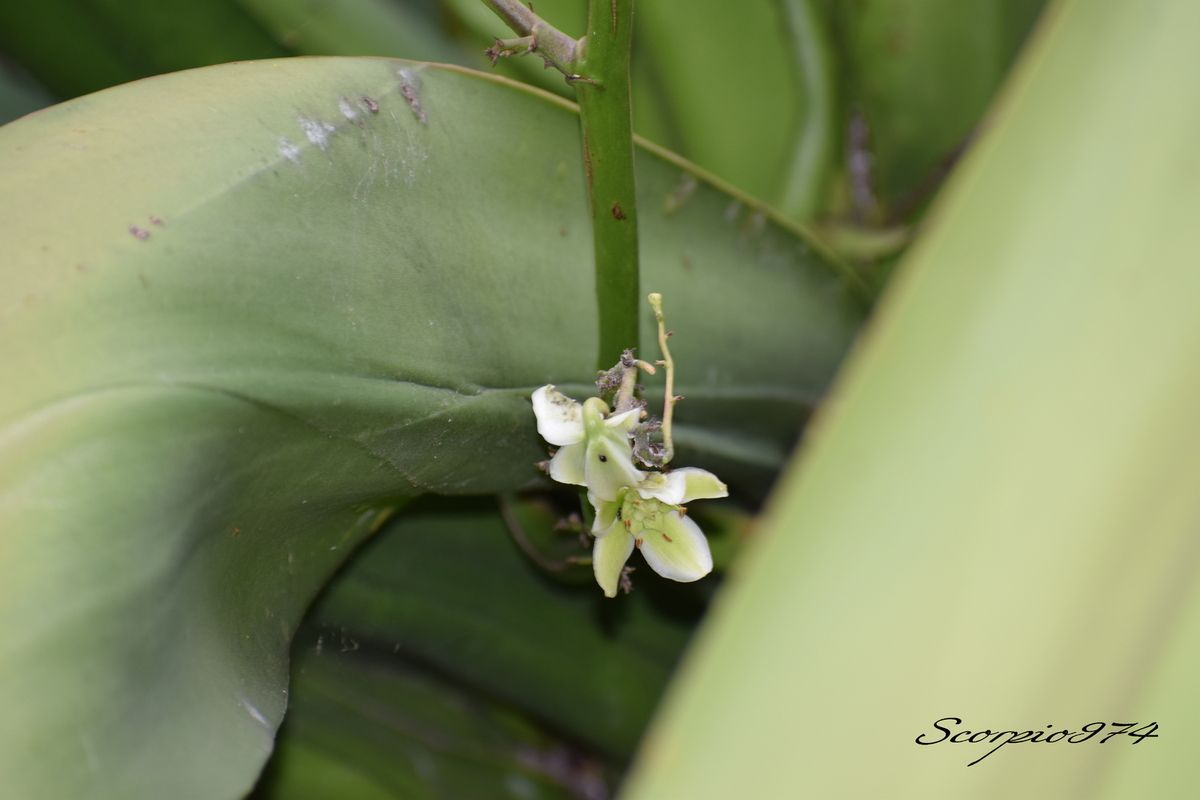 Nature, Nature 974, Nature Réunion, Nature de la Réunion, Nature à la Réunion, flore, flore 974, flore Réunion, flore de la Réunion, flore à la Réunion, flore Réunion, flore Réunion, flore de la Réunion, flore à la Réunion, communs, communs Réunion, communs 974, communs de la Réunion, communs à la Réunion, introduite, introduite 974, introduite Réunion, introduite de la Réunion, introduite à la Réunion, espèce introduite, espèce introduite 974, espèce introduite Réunion, espèce introduite de la Réunion, espèce introduite,  espèce introduite 974,  espèce introduite Réunion,  espèce introduite de la Réunion,  espèce introduite à la Réunion, introduite,  introduite 974,  introduite Réunion,  introduite de la Réunion,  introduite à la Réunion,espèce envahissante de niveau 5, espèce envahissante de niveau 5 974, espèce envahissante de niveau 5 Réunion, espèce envahissante de niveau 5 de la Réunion, espèce envahissante de niveau 5 à la Réunion, espèce envahissante de haut niveau, espèce envahissante de haut niveau 974, espèce envahissante de haut niveau Réunion, espèce envahissante de haut niveau de la Réunion, espèce envahissante de haut niveau à la Réunion, espèce envahissante cinq, espèce envahissante cinq 974, espèce envahissante cinq Réunion, espèce envahissante cinq de la Réunion, espèce envahissante cinq à la Réunion, espèce florale envahissante de niveau 5 sur 5, espèce florale envahissante de niveau 5 sur 5 974, espèce florale envahissante de niveau 5 sur 5 Réunion, espèce florale envahissante de niveau 5 sur 5 de la Réunion, espèce florale envahissante de niveau 5 sur 5 à la Réunion, espèce florale envahissante de cinq sur cinq, espèce florale envahissante de cinq sur cinq 974, espèce florale envahissante de cinq sur cinq Réunion, espèce florale envahissante de cinq sur cinq de la Réunion, espèce florale envahissante de cinq sur cinq à la Réunion, espèce florale envahissante de niveau 5, espèce florale envahissante de niveau 5 974, espèce florale envahissante de niveau 5 Réunion, espèce florale envahissante de niveau 5 de la Réunion, espèce florale envahissante de niveau 5 à la Réunion, espèce florale envahissante de haut niveau, espèce florale envahissante de haut niveau 974, espèce florale envahissante de haut niveau Réunion, espèce florale envahissante de haut niveau de la Réunion, espèce florale envahissante de haut niveau à la Réunion, espèce florale envahissante cinq, espèce florale envahissante cinq 974, espèce florale envahissante cinq Réunion, espèce florale envahissante cinq de la Réunion, espèce florale envahissante cinq à la Réunion, espèces produisant des bulbilles envahissantes de niveau 5 sur 5, espèces produisant des bulbilles envahissantes de niveau 5 sur 5 974, espèces produisant des bulbilles envahissantes de niveau 5 sur 5 Réunion, espèces produisant des bulbilles envahissantes de niveau 5 sur 5 de la Réunion, espèces produisant des bulbilles envahissantes de niveau 5 sur 5 à la Réunion, espèces produisant des bulbilles envahissantes de cinq sur cinq, espèces produisant des bulbilles envahissantes de cinq sur cinq 974, espèces produisant des bulbilles envahissantes de cinq sur cinq Réunion, espèces produisant des bulbilles envahissantes de cinq sur cinq de la Réunion, espèces produisant des bulbilles envahissantes de cinq sur cinq à la Réunion, espèces produisant des bulbilles envahissantes de niveau 5, espèces produisant des bulbilles envahissantes de niveau 5 974, espèces produisant des bulbilles envahissantes de niveau 5 Réunion, espèces produisant des bulbilles envahissantes de niveau 5 de la Réunion, espèces produisant des bulbilles envahissantes de niveau 5 à la Réunion, espèces produisant des bulbilles envahissantes de haut niveau, espèces produisant des bulbilles envahissantes de haut niveau 974, espèces produisant des bulbilles envahissantes de haut niveau Réunion, espèces produisant des bulbilles envahissantes de haut niveau de la Réunion, espèces produisant des bulbilles envahissantes de haut niveau à la Réunion, espèces produisant des bulbilles envahissantes cinq, espèces produisant des bulbilles envahissantes cinq 974, espèces produisant des bulbilles envahissantes cinq Réunion, espèces produisant des bulbilles envahissantes cinq de la Réunion, espèces produisant des bulbilles envahissantes cinq à la Réunion, espèces produisant des bulbilles envahissantes de niveau 5 sur 5, espèces produisant des bulbilles envahissantes de niveau 5 sur 5 974, espèces produisant des bulbilles envahissantes de niveau 5 sur 5 Réunion, espèces produisant des bulbilles envahissantes de niveau 5 sur 5 de la Réunion, espèces produisant des bulbilles envahissantes de niveau 5 sur 5 à la Réunion, espèces produisant des bulbilles envahissantes de cinq sur cinq, espèces produisant des bulbilles envahissantes de cinq sur cinq 974, espèces produisant des bulbilles envahissantes de cinq sur cinq Réunion, espèces produisant des bulbilles envahissantes de cinq sur cinq de la Réunion, espèces produisant des bulbilles envahissantes de cinq sur cinq à la Réunion, espèces produisant des bulbilles envahissantes de haut niveau, espèces produisant des bulbilles envahissantes de haut niveau 974, espèces produisant des bulbilles envahissantes de haut niveau Réunion, espèces produisant des bulbilles envahissantes de haut niveau de la Réunion, espèces produisant des bulbilles envahissantes de haut niveau à la Réunion, espèces produisant des bulbilles envahissantes cinq, espèces produisant des bulbilles envahissantes cinq 974, espèces produisant des bulbilles envahissantes cinq Réunion, espèces produisant des bulbilles envahissantes cinq de la Réunion, espèces produisant des bulbilles envahissantes cinq à la Réunion, espèce florale envahissantes de niveau 5 sur 5, espèce florale envahissantes de niveau 5 sur 5 974, espèce florale envahissantes de niveau 5 sur 5 Réunion, espèce florale envahissantes de niveau 5 sur 5 de la Réunion, espèce florale envahissantes de niveau 5 sur 5 à la Réunion, espèce florale envahissantes de cinq sur cinq, espèce florale envahissantes de cinq sur cinq 974, espèce florale envahissantes de cinq sur cinq Réunion, espèce florale envahissantes de cinq sur cinq de la Réunion, espèce florale envahissantes de cinq sur cinq à la Réunion, espèce florale envahissantes de niveau 5, espèce florale envahissantes de niveau 5 974, espèce florale envahissantes de niveau 5 Réunion, espèce florale envahissantes de niveau 5 de la Réunion, espèce florale envahissantes de niveau 5 à la Réunion, espèce florale envahissantes de haut niveau, espèce florale envahissantes de haut niveau 974, espèce florale envahissantes de haut niveau Réunion, espèce florale envahissantes de haut niveau de la Réunion, espèce florale envahissantes de haut niveau à la Réunion, espèce florale envahissantes cinq, espèce florale envahissantes cinq 974, espèce florale envahissantes cinq Réunion, espèce florale envahissantes cinq de la Réunion, espèce florale envahissantes cinq à la Réunion, envahissantes, envahissantes 974, envahissantes Réunion, envahissantes de la Réunion, envahissantes à la Réunion, envahissantes, envahissantes 974, envahissantes Réunion, envahissantes de la Réunion, envahissantes à la Réunion, espèce envahissantes, espèce envahissantes 974, espèce envahissantes Réunion, espèce envahissantes de la Réunion, espèce envahissantes à la Réunion, espèces à bulbilles envahissantes, espèces à bulbilles envahissantes 974, espèces à bulbilles envahissantes Réunion, espèces à bulbilles envahissantes de la Réunion, espèces à bulbilles envahissantes à la Réunion, bulbilles vertes introduites,  bulbilles vertes introduites 974, bulbilles vertes introduites Réunion, bulbilles vertes introduites de la Réunion, bulbilles vertes introduites à la Réunion, bulbilles vertes venant d'un arbre,  bulbilles vertes venant d'un arbre Réunion,  bulbilles vertes venant d'un arbre de la Réunion,  bulbilles vertes venant d'un arbre à la Réunion,  bulbilles vertes introduites,  bulbilles vertes introduites 974,  bulbilles vertes introduites Réunion,  bulbilles vertes introduites de la Réunion,  bulbilles vertes introduites à la Réunion,  espèce de bulbilles venant d'un arbre, espèce de bulbilles venant d'un arbre 974, espèce de bulbilles venant d'un arbre Réunion, espèce de bulbilles venant d'un arbre de la Réunion, espèce de bulbilles venant d'un arbre à la Réunion, bulbilles vertes envahissantes ,  bulbilles vertes envahissantes  974, bulbilles vertes envahissantes  Réunion, bulbilles vertes envahissantes  de la Réunion, bulbilles vertes envahissantes  à la Réunion, bulbilles vertes invasif,  bulbilles vertes invasif Réunion,  bulbilles vertes invasif de la Réunion,  bulbilles vertes invasif à la Réunion,  espèce de bulbilles venant d'un arbre, espèce de bulbilles venant d'un arbre 974, espèce de bulbilles venant d'un arbre Réunion, bulbilles vertes, bulbilles vertes 974, bulbilles vertes Réunion, bulbilles vertes de la Réunion,bulbilles vertes à la Réunion,  bulbilles vertes introduites 974, bulbilles vertes introduites Réunion, bulbilles vertes introduites de la Réunion, bulbilles vertes introduites à la Réunion, bulbilles vertes envahissant,  bulbilles vertes envahissant 974,  bulbilles vertes envahissant Réunion,  bulbilles vertes envahissant de la Réunion,  bulbilles vertes envahissant à la Réunion, bulbilles vertes, petite bulbilles vertes, petite bulbilles vertes 974, petite bulbilles vertes Réunion, petite bulbilles vertes de la Réunion, petite bulbilles vertes à la Réunion, petite bulbille utilisée en cuisine, petite bulbille utilisée en cuisine 974, petite bulbille utilisée en cuisine Réunion, petite bulbille utilisée en cuisine à la Réunion, petite bulbille utilisée en cuisine de la Réunion, petite bulbilles vertes envahissante, petite bulbilles vertes envahissante 974, petite bulbilles vertes envahissante Réunion, petite bulbilles vertes envahissante de la Réunion, petite bulbilles vertes envahissante à la Réunion, adventice à bulbille utilisée en cuisine,  adventice à bulbille utilisée en cuisine 974,  adventice à bulbille utilisée en cuisine Réunion,  adventice à bulbille utilisée en cuisine de la Réunion,  adventice à bulbille utilisée en cuisine à la Réunion, bulbille utilisée en cuisine, bulbille utilisée en cuisine 974, bulbille utilisée en cuisine Réunion, bulbille utilisée en cuisine de la Réunion, bulbille utilisée en cuisine à la Réunion, bulbille utilisée en cuisine commune, bulbille utilisée en cuisine commune 974, bulbille utilisée en cuisine commune Réunion, bulbille utilisée en cuisine commune de la Réunion, bulbille utilisée en cuisine commune à la Réunion, bulbilles communes, bulbilles communes 974, bulbilles communes Réunion, bulbilles communes à la Réunion, bulbilles communes de la Réunion, bulbilles vertes communes , bulbilles vertes communes  974, bulbilles vertes communes  Réunion, bulbilles vertes communes  de la Réunion, bulbilles vertes communes  à la Réunion, espèces produisant des bulbilles, espèces produisant des bulbilles 974, Réunion, espèces produisant des bulbilles de la Réunion, espèces produisant des bulbilles à la Réunion, bulbilles vertes en verticille, bulbilles vertes en verticille 974, Réunion, bulbilles vertes en verticille de la Réunion, bulbilles vertes en verticille à la Réunion, bulbilles vertes sphérique, bulbilles vertes sphérique à la Réunion, bulbilles vertes sphérique  Réunion, bulbilles vertes sphérique 974, bulbilles vertes sphérique de la Réunion, bulbilles vertes venant d'un Aloes,  bulbilles vertes venant d'un Aloes Réunion,  bulbilles vertes venant d'un Aloes de la Réunion,  bulbilles vertes venant d'un Aloes à la Réunion,  bulbilles vertes introduites,  bulbilles vertes introduites 974,  bulbilles vertes introduites Réunion,  bulbilles vertes introduites de la Réunion,  bulbilles vertes introduites à la Réunion,  espèce de bulbilles venant d'un Aloes, espèce de bulbilles venant d'un Aloes 974, espèce de bulbilles venant d'un Aloes Réunion, espèce de bulbilles venant d'un Aloes de la Réunion, espèce de bulbilles venant d'un Aloes à la Réunion, bulbilles vertes venant d'un Aloes,  bulbilles vertes venant d'un Aloes Réunion,  bulbilles vertes venant d'un Aloes de la Réunion,  bulbilles vertes venant d'un Aloes à la Réunion, espèce de bulbilles venant d'un Aloes, espèce de bulbilles venant d'un Aloes 974, espèce de bulbilles venant d'un Aloes Réunion, espèce de bulbilles venant d'un Aloes de la Réunion, espèce de bulbilles venant d'un Aloes à la Réunion, Aloes à bulbille utilisée en cuisine,  Aloes à bulbille utilisée en cuisine 974,  Aloes à bulbille utilisée en cuisine Réunion,  Aloes à bulbille utilisée en cuisine de la Réunion,  Aloes à bulbille utilisée en cuisine à la Réunion,    Asparagaceae,  Asparagaceae 974,  Asparagaceae Réunion,  Asparagaceae de la Réunion,  Asparagaceae à la Réunion, Asparagales,  Asparagales 974,  Asparagales Réunion,  Asparagales à la Réunion,  Asparagales de la Réunion, Furcraea foetida (L.) (Haw., 1812),  Furcraea foetida (L.) (Haw., 1812) 974,  Furcraea foetida (L.) (Haw., 1812) Réunion,  Furcraea foetida (L.) (Haw., 1812) de la Réunion,  Furcraea foetida (L.) (Haw., 1812) à la Réunion,  Furcraea foetida (L.) Haw. 1812,  Furcraea foetida (L.) Haw. 1812 974,  Furcraea foetida (L.) Haw. 1812 Réunion,  Furcraea foetida (L.) Haw. 1812 de la Réunion,  Furcraea foetida (L.) Haw. 1812 À la Réunion, Furcraea foetida (L.) Haw.,  Furcraea foetida (L.) Haw. 974,  Furcraea foetida (L.) Haw. Réunion,  Furcraea foetida (L.) Haw. de la Réunion,  Furcraea foetida (L.) Haw. à la Réunion, Furcraea foetida (L.) Haw, Furcraea foetida (L.) Haw 974, Furcraea foetida (L.) Haw Réunion, Furcraea foetida (L.) Haw de la Réunion,  Furcraea foetida (L.) Haw à la Réunion, Furcraea foetida (L.), Furcraea foetida (L.)974, Furcraea foetida (L.) Réunion, Furcraea foetida (L.) à la Réunion, Furcraea foetida (L.) de la Réunion, Furcraea foetida L., Furcraea foetida L. 974, Furcraea foetida L. Réunion, Furcraea foetida L. de la Réunion, Furcraea foetida L.à la Réunion, Furcraea foetida L, Furcraea foetida L 974, Furcraea foetida L Réunion, Furcraea foetida L de la Réunion, Furcraea foetida L à la Réunion, Furcraea foetida , Furcraea foetida  974, Furcraea foetida  de la Réunion, Furcraea foetida Réunion, Furcraea foetida  à la Réunion, Furcraea , Furcraea 974, Furcraea Réunion, Furcraea de la Réunion, Furcraea à la Réunion, Agave foetida (L., 1753),  Agave foetida (L., 1753) 974,  Agave foetida (L., 1753) Réunion,  Agave foetida (L., 1753) de la Réunion,  Agave foetida (L., 1753) à la Réunion, Agave foetida L. 1753,  Agave foetida L. 1753 974, Agave foetida L. 1753 Réunion, Agave foetida L. 1753 de la Réunion, Agave foetida L. 1753 à la Réunion,  Agave foetida L.,  Agave foetida L. 974,  Agave foetida L. Réunion,  Agave foetida L. de la Réunion,  Agave foetida L. à la Réunion,  Lamium,  Lamium Réunion,  Lamium de la Réunion,  Lamium à la Réunion,  Lamium 974, Agave foetida L, Agave foetida L 974, Agave foetida L Réunion, Agave foetida L de la Réunion, Agave foetida L à la Réunion, Agave foetida,  Agave foetida 974,  Agave foetida Réunion,  Agave foetida de la Réunion,  Agave foetida à la Réunion, Agave gigantea (Vent.) D.Dietr. 1840,  Agave gigantea (Vent.) D.Dietr. 1840 974,  Agave gigantea (Vent.) D.Dietr. 1840 Réunion,  Agave gigantea (Vent.) D.Dietr. 1840 de la Réunion,  Agave gigantea (Vent.) D.Dietr. 1840 à la Réunion, Agave gigantea (Vent.) (D.Dietr., 1840), Agave gigantea (Vent.) (D.Dietr., 1840) Réunion, Agave gigantea (Vent.) (D.Dietr., 1840) 974, Agave gigantea (Vent.) (D.Dietr., 1840) de la Réunion, Agave gigantea (Vent.) (D.Dietr., 1840) à la Réunion, Agave gigantea (Vent.) (D.Dietr., 1840), Agave gigantea (Vent.) (D.Dietr., 1840) de la Réunion, Agave gigantea (Vent.) (D.Dietr., 1840) à la Réunion, Furcraea gigantea (Vent., 1793), Furcraea gigantea (Vent., 1793) 974, Furcraea gigantea (Vent., 1793) Réunion, Furcraea gigantea (Vent., 1793) de la Réunion, Furcraea gigantea (Vent., 1793) à la Réunion, Furcraea gigantea Vent. 1793 ,  Furcraea gigantea Vent. 1793  974, Furcraea gigantea Vent. 1793  Réunion, Furcraea gigantea Vent. 1793  de la Réunion, Furcraea gigantea Vent. 1793  à la Réunion, Furcraea,  Furcraea 974,  Furcraea Réunion,  Furcraea de la Réunion,  Furcraea à la Réunion, Furcraea gigantea, Furcraea gigantea 974, Furcraea gigantea Réunion, Furcraea gigantea De la Réunion, Furcraea gigantea À la Réunion, Furcraea gigantea Vent,  Furcraea gigantea Vent 974, Furcraea gigantea Vent Réunion, Furcraea gigantea Vent de la Réunion, Furcraea gigantea Vent à la Réunion, Furcraea gigantea var. willemetiana Roem.,  Furcraea gigantea var. willemetiana Roem. 974, Furcraea gigantea var. willemetiana Roem. Réunion,  Furcraea gigantea var. willemetiana Roem. de la Réunion,  Furcraea gigantea var. willemetiana Roem. à la Réunion,  Furcraea gigantea var. willemetiana,  Furcraea gigantea var. willemetiana 974,  Furcraea gigantea var. willemetiana Réunion,  Furcraea gigantea var. willemetiana de la Réunion,  Furcraea gigantea var. willemetiana à la Réunion, Furcraea gigantea var., Furcraea gigantea var. 974, Furcraea gigantea var. Réunion, Furcraea gigantea var. de la Réunion, Furcraea gigantea var. à la Réunion, Furcraea foetida var. foetida (L.) Haw., Furcraea foetida var. foetida (L.) Haw. 974, Furcraea foetida var. foetida (L.) Haw. Réunion, Furcraea foetida var. foetida (L.) Haw. De la Réunion, Furcraea foetida var. foetida (L.) Haw. var. foetida (L.) (Haw., 1812) 974,  Furcraea foetida var. foetida (L.) Haw. var. foetida (L.) (Haw., 1812) Réunion,  Furcraea foetida var. foetida (L.) Haw. var. foetida (L.) (Haw., 1812) de la Réunion,  Furcraea foetida var. foetida (L.) Haw. var. foetida (L.) (Haw., 1812) à la Réunion, Furcraea foetida var. foetida (L.) Haw. 1812,  Furcraea foetida var. foetida (L.) Haw. 1812 974,  Furcraea foetida var. foetida (L.) Haw. var. foetida (L.) Haw. 1812 Réunion,  Furcraea foetida Haw. var. foetida (L.) Haw. 1812 de la Réunion,  Furcraea foetida var. foetida (L.) Haw. 1812 à la Réunion, Frucraea foetida var. Foetida., Frucraea foetida var. foetida974, Frucraea foetida var. Foetida Réunion, Frucraea foetida var. Foetida De la Réunion, Frucraea foetida var. Foetida À la Réunion,  Choca vert, Choca vert Réunion, Choca vert 974, Choca vert de la Réunion, Choca vert à la Réunion, Cadère, Cadère 974, Cadère Réunion, Cadère De la Réunion, Cadère A la Réunion, Choka, Choka 974, Choka Réunion, Choka de la Réunion, Choka à la Réunion, Choka vert, Choka vert 974, Choka vert Réunion, Choka vert de la Réunion, Choka vert à la Réunion,  Chanvre de Maurice, Chanvre de Maurice 974, Chanvre de Maurice Réunion, Chanvre de Maurice de la Réunion, Chanvre de Maurice à la Réunion, manira 974, manira Réunion, manira de la Réunion, manira à la Réunion,  manira, Aloès malgache,  Aloès malgache 974,  Aloès malgache Réunion,  Aloès malgache de la Réunion,  Aloès malgache à la Réunion, Aloès créole, Aloès créole  974, Aloès créole  de la Réunion, Aloès créole  à la Réunion, Aloès créole Réunion, Sisal,  Sisal 974,  Sisal Réunion,  Sisal de la Réunion,  Sisal à la Réunion, Mauritius hemp, Faux aloès, Faux aloès 974, Faux aloès Réunion, Faux aloès de la Réunion, Faux aloès à la Réunion,  Agave, Agave 974, Réunion, Agave de la Réunion, Agave à la Réunion, Kitani, Kitani à la Réunion, Kitani  Réunion, Kitani 974, Kitani de la Réunion, 