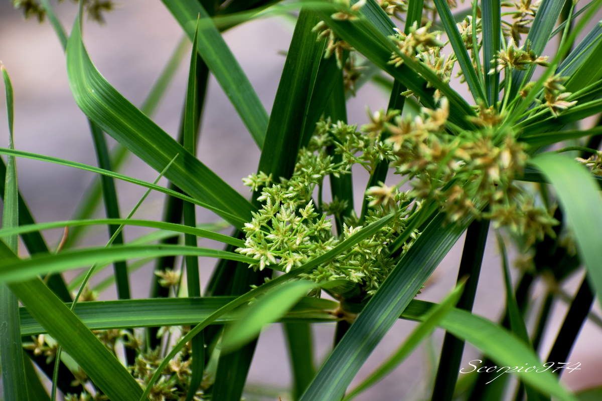 Nature, Nature 974, Nature Réunion, Nature de la Réunion, Nature à la Réunion, flore, flore 974, flore Réunion, flore de la Réunion, flore à la Réunion, fleur, fleur 974, fleur Réunion, fleur de la Réunion, fleur à la Réunion, fleurs, fleurs  974, fleurs de la Réunion, fleurs à la Réunion, fleurs Réunion, fleur blanche, fleur blanche 974, fleur blanche Réunion, fleur blanche de la Réunion, fleur blanche à la Réunion, fleur blanche commune, fleur blanche commune 974, fleur blanche commune Réunion, fleur blanche commune de la Réunion, fleur blanche commune à la Réunion, fleurs communes, fleurs communes 974, fleurs communes Réunion, fleurs communes à la Réunion, fleurs communes de la Réunion, fleurs blanches communes , fleurs blanches communes  974, fleurs blanches communes  Réunion, fleurs blanches communes  de la Réunion, fleurs blanches communes  à la Réunion, espèces florales, espèces florales 974, Réunion, espèces florales de la Réunion, espèces florales à la Réunion, fleurs blanches-verts, fleurs blanches-verts 974, Réunion, fleurs blanches-verts de la Réunion, fleurs blanches-verts à la Réunion, fleurs blanches-verts, fleurs blanches-verts à la Réunion, fleurs blanches-verts  Réunion, fleurs blanches-verts 974, fleurs blanches-verts de la Réunion, flore Réunion, flore Réunion, flore de la Réunion, flore à la Réunion, Espèce florale, Espèce florale 974, Espèce florale Réunion, Espèce florale de la Réunion, Espèce florale  à la Réunion, adventice, adventice 974, adventice  Réunion, adventice  de la Réunion, adventice  à la Réunion, adventices, adventices 974, adventices Réunion, adventices de la Réunion, adventices à la Réunion, mauvaise herbe, mauvaise herbe 974, mauvaise herbe Réunion, mauvaise herbe de la Réunion, mauvaise herbe à la Réunion, mauvaise herbe à fleurs blanches, mauvaise herbe à fleurs blanches 974, mauvaise herbe à fleurs blanches Réunion, mauvaise herbe à fleurs blanches de la Réunion, mauvaise herbe à fleurs blanches à la Réunion, mauvaise herbe à fleur blanche, mauvaise herbe à fleur blanche 974, mauvaise herbe à fleur blanche Réunion, mauvaise herbe à fleur blanche à la Réunion, mauvaise herbe à fleur blanche de la Réunion, mauvaise herbe à fleurs blanches envahissante, mauvaise herbe à fleurs blanches envahissante 974, mauvaise herbe à fleurs blanches envahissante Réunion, mauvaise herbe à fleurs blanches envahissante de la Réunion, mauvaise herbe à fleurs blanches envahissante à la Réunion, adventice à fleur blanche,  adventice à fleur blanche 974, adventice à fleur blanche Réunion,  adventice à fleur blanche de la Réunion,  adventice à fleur blanche à la Réunion,  fleurs blanches-vertes Réunion,  fleurs blanches-vertes de la Réunion,  fleurs blanches-vertes à la Réunion,  fleurs blanches-vertes 974 communs, communs Réunion, communs 974, communs de la Réunion, communs à la Réunion, introduite, introduite 974, introduite Réunion, introduite de la Réunion, introduite à la Réunion, espèce introduite, espèce introduite 974, espèce introduite Réunion, espèce introduite de la Réunion, espèce introduite,  espèce introduite 974,  espèce introduite Réunion,  espèce introduite de la Réunion,  espèce introduite à la Réunion, introduite,  introduite 974,  introduite Réunion,  introduite de la Réunion,  introduite à la Réunion, espèce de fleur,  espèce de fleur 974, espèce de fleur Réunion, espèce de fleur de la Réunion, espèce de fleur à la Réunion, fleur introduite,  fleur introduite Réunion,  fleur introduite de la Réunion,  fleur introduite à la Réunion, espèces florales introduites, espèces florales introduites 974, espèces florales introduites Réunion, espèces florales introduites de la Réunion, espèces florales introduites à la Réunion, espèce invasive, espèce invasive 974, espèce invasive Réunion, espèce invasive de la Réunion, espèce invasive à la Réunion, espèces invasives,  espèces invasives 974, espèces invasives Réunion, espèces invasives de la Réunion, espèces invasives à la Réunion, espèces florales invasives,  espèces florales invasives Réunion,  espèces florales invasives de la Réunion,  espèces florales invasives à la Réunion,   fleur invasive, fleur invasive 974, fleur invasive Réunion, fleur invasive de la Réunion, fleur invasive à la Réunion, flore invasives,  flore invasives 974, flore invasives Réunion, flore invasives de la Réunion, flore invasives à la Réunion, espèce de fleur introduite,  espèce de fleur introduite Réunion,  espèce de fleur introduite de la Réunion,  espèce de fleur introduite à la Réunion,  espèces fleurs introduites,  espèces fleurs introduites 974,  espèces fleurs introduites Réunion,  espèces fleurs introduites de la Réunion,  espèces fleurs introduites à la Réunion,  espèces fleurs invasives, espèces fleurs invasives 974, espèces fleurs invasives Réunion, espèces fleurs invasives de la Réunion, espèces fleurs invasives à la Réunion, fleurs invasives,  fleurs invasives Réunion,  fleurs invasives de la Réunion,  fleurs invasives à la Réunion, espèce de fleurs invasive, espèce de fleurs invasive 974, espèce de fleurs invasive Réunion, espèce de fleurs invasive de la Réunion, fleurs blanches introduites 974, fleurs blanches introduites Réunion, fleurs blanches introduites de la Réunion, fleurs blanches introduites à la Réunion, fleurs blanches envahissant,  fleurs blanches envahissant 974,  fleurs blanches envahissant Réunion,  fleurs blanches envahissant de la Réunion,  fleurs blanches envahissant à la Réunion, fleurs blanches et-verts, fleurs envahissant 974, fleurs envahissant Réunion, fleurs envahissant de la Réunion, fleurs envahissant à la Réunion, fleurs nuisible,  fleurs nuisible 974, fleurs nuisible Réunion, fleurs nuisible de la Réunion, fleurs nuisible à la Réunion, flore magnifique,  flore magnifique Réunion,  flore magnifique de la Réunion,  flore magnifique à la Réunion,  fleurs nuisibles,  fleurs nuisibles 974,  fleurs nuisibles Réunion,  fleurs nuisibles de la Réunion,  fleurs nuisibles à la Réunion, fleurs blanches introduites, fleurs blanches-verts 974, fleurs blanches-verts Réunion, fleurs blanches-verts de la Réunion, fleurs blanches-verts à la Réunion, espèce florales magnifique,  espèce florales magnifique 974, espèce florales magnifique Réunion, espèce florales magnifique de la Réunion, espèce florales magnifique à la Réunion, flore magnifique,  fleur magnifique,  flore magnifique de la Réunion,  flore magnifique à la Réunion, espèce de fleur invasive, espèce de fleur invasive 974, espèce de fleur invasive Réunion, espèce de fleur invasive de la Réunion, fleurs blanches-verts à la Réunion,  espèce de fleurs invasives, espèce de fleurs invasives 974, espèce de fleurs invasives Réunion, espèce de fleurs invasives de la Réunion, espèce de fleurs invasives à la Réunion, fleurs blanches introduites,  fleurs blanches introduites 974, fleurs blanches introduites Réunion, fleurs blanches introduites de la Réunion, fleurs blanches introduites à la Réunion, fleurs blanches invasives,  fleurs blanches invasives Réunion,  fleurs blanches invasives de la Réunion,  fleurs blanches invasives à la Réunion,  fleurs blanches introduits,  fleurs blanches introduits 974,  fleurs blanches introduits Réunion,  fleurs blanches introduits de la Réunion,  fleurs blanches introduits à la Réunion,  espèce de fleurs invasives, espèce de fleurs invasives 974, espèce de fleurs invasives Réunion, espèce de fleurs invasives de la Réunion, espèce de fleurs invasives à la Réunion, fleurs blanches nuisible ,  fleurs blanches nuisible  974, fleurs blanches nuisible  Réunion, fleurs blanches nuisible  de la Réunion, fleurs blanches nuisible  à la Réunion, fleurs blanches invasif,  fleurs blanches invasif Réunion,  fleurs blanches invasif de la Réunion,  fleurs blanches invasif à la Réunion,  fleur blanche et-verts,  fleur blanche et blanche 974,  fleur blanche et blanche Réunion,  fleur blanche et blanche de la Réunion, fleur blanche et blanche à la Réunion,  espèce de fleurs invasives, espèce de fleurs invasives 974, espèce de fleurs invasives Réunion, fleurs blanches, fleurs blanches 974, fleurs blanches Réunion, fleurs blanches de la Réunion,fleurs blanches à la Réunion, espèce envahissante, espèce envahissante 974, espèce envahissante Réunion, espèce envahissante de la Réunion, espèce envahissante à la Réunion, espèces envahissantes, espèces envahissantes 974, espèces envahissantes Réunion, espèces envahissantes de la Réunion, espèces envahissantes à la Réunion, espèces envahissantes de niveau 5 sur 5, espèces envahissantes de niveau 5 sur 5 974, espèces envahissantes de niveau 5 sur 5 Réunion, espèces envahissantes de niveau 5 sur 5 de la Réunion, espèces envahissantes de niveau 5 sur 5 à la Réunion, espèces envahissantes de cinq sur cinq, espèces envahissantes de cinq sur cinq 974, espèces envahissantes de cinq sur cinq Réunion, espèces envahissantes de cinq sur cinq de la Réunion, espèces envahissantes de cinq sur cinq à la Réunion, espèces envahissantes de niveau 5, espèces envahissantes de niveau 5 974, espèces envahissantes de niveau 5 Réunion, espèces envahissantes de niveau 5 de la Réunion, espèces envahissantes de niveau 5 à la Réunion, espèces envahissantes de moyen niveau niveau, espèces envahissantes de moyen niveau niveau 974, espèces envahissantes de moyen niveau niveau Réunion, espèces envahissantes de moyen niveau niveau de la Réunion, espèces envahissantes de moyen niveau niveau à la Réunion, espèces envahissantes cinq, espèces envahissantes cinq 974, espèces envahissantes cinq Réunion, espèces envahissantes cinq de la Réunion, espèces envahissantes cinq à la Réunion, espèce envahissante de niveau 5 sur 5, espèce envahissante de niveau 5 sur 5 974, espèce envahissante de niveau 5 sur 5 Réunion, espèce envahissante de niveau 5 sur 5 de la Réunion, espèce envahissante de niveau 5 sur 5 à la Réunion, espèce envahissante de cinq sur cinq, espèce envahissante de cinq sur cinq 974, espèce envahissante de cinq sur cinq Réunion, espèce envahissante de cinq sur cinq de la Réunion, espèce envahissante de cinq sur cinq à la Réunion, espèce envahissante de niveau 5, espèce envahissante de niveau 5 974, espèce envahissante de niveau 5 Réunion, espèce envahissante de niveau 5 de la Réunion, espèce envahissante de niveau 5 à la Réunion, espèce envahissante de moyen niveau niveau, espèce envahissante de moyen niveau niveau 974, espèce envahissante de moyen niveau niveau Réunion, espèce envahissante de moyen niveau niveau de la Réunion, espèce envahissante de moyen niveau niveau à la Réunion, espèce envahissante cinq, espèce envahissante cinq 974, espèce envahissante cinq Réunion, espèce envahissante cinq de la Réunion, espèce envahissante cinq à la Réunion, espèce florale envahissante de niveau 5 sur 5, espèce florale envahissante de niveau 5 sur 5 974, espèce florale envahissante de niveau 5 sur 5 Réunion, espèce florale envahissante de niveau 5 sur 5 de la Réunion, espèce florale envahissante de niveau 5 sur 5 à la Réunion, espèce florale envahissante de cinq sur cinq, espèce florale envahissante de cinq sur cinq 974, espèce florale envahissante de cinq sur cinq Réunion, espèce florale envahissante de cinq sur cinq de la Réunion, espèce florale envahissante de cinq sur cinq à la Réunion, espèce florale envahissante de niveau 5, espèce florale envahissante de niveau 5 974, espèce florale envahissante de niveau 5 Réunion, espèce florale envahissante de niveau 5 de la Réunion, espèce florale envahissante de niveau 5 à la Réunion, espèce florale envahissante de moyen niveau niveau, espèce florale envahissante de moyen niveau niveau 974, espèce florale envahissante de moyen niveau niveau Réunion, espèce florale envahissante de moyen niveau niveau de la Réunion, espèce florale envahissante de moyen niveau niveau à la Réunion, espèce florale envahissante cinq, espèce florale envahissante cinq 974, espèce florale envahissante cinq Réunion, espèce florale envahissante cinq de la Réunion, espèce florale envahissante cinq à la Réunion, espèces florales envahissantes de niveau 5 sur 5, espèces florales envahissantes de niveau 5 sur 5 974, espèces florales envahissantes de niveau 5 sur 5 Réunion, espèces florales envahissantes de niveau 5 sur 5 de la Réunion, espèces florales envahissantes de niveau 5 sur 5 à la Réunion, espèces florales envahissantes de cinq sur cinq, espèces florales envahissantes de cinq sur cinq 974, espèces florales envahissantes de cinq sur cinq Réunion, espèces florales envahissantes de cinq sur cinq de la Réunion, espèces florales envahissantes de cinq sur cinq à la Réunion, espèces florales envahissantes de niveau 5, espèces florales envahissantes de niveau 5 974, espèces florales envahissantes de niveau 5 Réunion, espèces florales envahissantes de niveau 5 de la Réunion, espèces florales envahissantes de niveau 5 à la Réunion, espèces florales envahissantes de moyen niveau niveau, espèces florales envahissantes de moyen niveau niveau 974, espèces florales envahissantes de moyen niveau niveau Réunion, espèces florales envahissantes de moyen niveau niveau de la Réunion, espèces florales envahissantes de moyen niveau niveau à la Réunion, espèces florales envahissantes cinq, espèces florales envahissantes cinq 974, espèces florales envahissantes cinq Réunion, espèces florales envahissantes cinq de la Réunion, espèces florales envahissantes cinq à la Réunion, espèces florales nuisibles de niveau 5 sur 5, espèces florales nuisibles de niveau 5 sur 5 974, espèces florales nuisibles de niveau 5 sur 5 Réunion, espèces florales nuisibles de niveau 5 sur 5 de la Réunion, espèces florales nuisibles de niveau 5 sur 5 à la Réunion, espèces florales nuisibles de cinq sur cinq, espèces florales nuisibles de cinq sur cinq 974, espèces florales nuisibles de cinq sur cinq Réunion, espèces florales nuisibles de cinq sur cinq de la Réunion, espèces florales nuisibles de cinq sur cinq à la Réunion, espèces florales nuisibles de niveau 5, espèces florales nuisibles de niveau 5 974, espèces florales nuisibles de niveau 5 Réunion, espèces florales nuisibles de niveau 5 de la Réunion, espèces florales nuisibles de niveau 5 à la Réunion, espèces florales aquatiques, espèces florales aquatiques 974, espèces florales aquatiques Réunion, espèces florales aquatiques de la Réunion, espèces florales aquatiques à la Réunion, espèces florales nuisibles cinq, espèces florales nuisibles cinq 974, espèces florales nuisibles cinq Réunion, espèces florales nuisibles cinq de la Réunion, espèces florales nuisibles cinq à la Réunion, espèce florale nuisible de niveau 5 sur 5, espèce florale nuisible de niveau 5 sur 5 974, espèce florale nuisible de niveau 5 sur 5 Réunion, espèce florale nuisible de niveau 5 sur 5 de la Réunion, espèce florale nuisible de niveau 5 sur 5 à la Réunion, espèce florale nuisible de cinq sur cinq, espèce florale nuisible de cinq sur cinq 974, espèce florale nuisible de cinq sur cinq Réunion, espèce florale nuisible de cinq sur cinq de la Réunion, espèce florale nuisible de cinq sur cinq à la Réunion, espèce florale nuisible de niveau 5, espèce florale nuisible de niveau 5 974, espèce florale nuisible de niveau 5 Réunion, espèce florale nuisible de niveau 5 de la Réunion, espèce florale nuisible de niveau 5 à la Réunion, espèce florale nuisible de moyen niveau niveau, espèce florale nuisible de moyen niveau niveau 974, espèce florale nuisible de moyen niveau niveau Réunion, espèce florale nuisible de moyen niveau niveau de la Réunion, espèce florale nuisible de moyen niveau niveau à la Réunion, espèce florale nuisible cinq, espèce florale nuisible cinq 974, espèce florale nuisible cinq Réunion, espèce florale nuisible cinq de la Réunion, espèce florale nuisible cinq à la Réunion, nuisible, nuisible 974, nuisible Réunion, nuisible de la Réunion, nuisible à la Réunion, nuisibles, nuisibles 974, nuisibles Réunion, nuisibles de la Réunion, nuisibles à la Réunion, espèce nuisible, espèce nuisible 974, espèce nuisible Réunion, espèce nuisible de la Réunion, espèce nuisible à la Réunion, espèces nuisibles, espèces nuisibles 974, espèces nuisibles Réunion, espèces nuisibles de la Réunion, espèces nuisibles à la Réunion, espèce aquatique introduites,  espèce aquatique introduites 974, espèce aquatique introduites Réunion, espèce aquatique introduites de la Réunion, espèce aquatique introduites à la Réunion, espèce aquatique invasives,  espèce aquatique invasives Réunion,  espèce aquatique invasives de la Réunion,  espèce aquatique invasives à la Réunion,  espèce aquatique introduits,  espèce aquatique introduits 974,  espèce aquatique introduits Réunion,  espèce aquatique introduits de la Réunion,  espèce aquatique introduits à la Réunion,  espèce de fleurs invasives, espèce de fleurs invasives 974, espèce de fleurs invasives Réunion, espèce de fleurs invasives de la Réunion, espèce de fleurs invasives à la Réunion, espèce aquatique nuisible ,  espèce aquatique nuisible  974, espèce aquatique nuisible  Réunion, espèce aquatique nuisible  de la Réunion, espèce aquatique nuisible  à la Réunion, espèce aquatique invasif,  espèce aquatique invasif Réunion,  espèce aquatique invasif de la Réunion,  espèce aquatique invasif à la Réunion,  fleurs blanches-vertes et-verts,  fleurs blanches-vertes et-verts 974,  fleurs blanches-vertes et-verts Réunion,  fleurs blanches-vertes et-verts de la Réunion, fleurs blanches-vertes et-verts à la Réunion,  espèce de fleurs invasives, espèce de fleurs invasives 974, espèce de fleurs invasives Réunion, espèce aquatique, espèce aquatique 974, espèce aquatique Réunion, espèce aquatique de la Réunion,espèce aquatique à la Réunion,  espèce aquatique introduites 974, espèce aquatique introduites Réunion, espèce aquatique introduites de la Réunion, espèce aquatique introduites à la Réunion, espèce aquatique envahissant,  espèce aquatique envahissant 974,  espèce aquatique envahissant Réunion,  espèce aquatique envahissant de la Réunion,  espèce aquatique envahissant à la Réunion, espèce aquatique, mauvaise herbe à espèce aquatique, mauvaise herbe à espèce aquatique 974, mauvaise herbe à espèce aquatique Réunion, mauvaise herbe à espèce aquatique de la Réunion, mauvaise herbe à espèce aquatique à la Réunion, mauvaise herbe à fleurs blanches-vertes, mauvaise herbe à fleurs blanches-vertes 974, mauvaise herbe à fleurs blanches-vertes Réunion, mauvaise herbe à fleurs blanches-vertes à la Réunion, mauvaise herbe à fleurs blanches-vertes de la Réunion, mauvaise herbe à espèce aquatique envahissante, mauvaise herbe à espèce aquatique envahissante 974, mauvaise herbe à espèce aquatique envahissante Réunion, mauvaise herbe à espèce aquatique envahissante de la Réunion, mauvaise herbe à espèce aquatique envahissante à la Réunion, adventice à fleurs blanches-vertes,  adventice à fleurs blanches-vertes 974,  adventice à fleurs blanches-vertes Réunion,  adventice à fleurs blanches-vertes de la Réunion,  adventice à fleurs blanches-vertes à la Réunion, fleurs blanches-vertes, fleurs blanches-vertes 974, fleurs blanches-vertes Réunion, fleurs blanches-vertes de la Réunion, fleurs blanches-vertes à la Réunion, fleurs blanches-vertes commune, fleurs blanches-vertes commune 974, fleurs blanches-vertes commune Réunion, fleurs blanches-vertes commune de la Réunion, fleurs blanches-vertes commune à la Réunion, fleurs communes, fleurs communes 974, fleurs communes Réunion, fleurs communes à la Réunion, fleurs communes de la Réunion, espèce aquatique communes , espèce aquatique communes  974, espèce aquatique communes  Réunion, espèce aquatique communes  de la Réunion, espèce aquatique communes  à la Réunion, espèces florales, espèces florales 974, Réunion, espèces florales de la Réunion, espèces florales à la Réunion, fleurs blanches-vertes, fleurs blanches-vertes 974,Réunion, fleurs blanches-vertes de la Réunion, fleurs blanches-vertes à la Réunion, fleurs blanches-vertes, fleurs blanches-vertes à la Réunion, fleurs blanches-vertes  Réunion, fleurs blanches-vertes 974, fleurs blanches-vertes de la Réunion, Cyperaceae, Cyperaceae 974,  Cyperaceae Réunion,  Cyperaceae de la Réunion,  Cyperaceae à la Réunion, Poales,  Poales 974,  Poales Réunion,  Poales à la Réunion,  Poales de la Réunion, Cyperus involucratus (Rottb., 1772),  Cyperus involucratus (Rottb., 1772) 974,  Cyperus involucratus (Rottb., 1772) Réunion,  Cyperus involucratus (Rottb., 1772) de la Réunion,  Cyperus involucratus (Rottb., 1772) à la Réunion,  Cyperus involucratus Rottb. 1772,  Cyperus involucratus Rottb. 1772 974,  Cyperus involucratus Rottb. 1772 Réunion,  Cyperus involucratus Rottb. 1772 de la Réunion,  Cyperus involucratus Rottb. 1772 À la Réunion, Cyperus involucratus Rottb.,  Cyperus involucratus Rottb. 974,  Cyperus involucratus Rottb. Réunion,  Cyperus involucratus Rottb. de la Réunion,  Cyperus involucratus Rottb. à la Réunion,  Cyperus involucratus Rottb,  Cyperus involucratus Rottb 974,  Cyperus involucratus Rottb Réunion,  Cyperus involucratus Rottb de la Réunion,  Cyperus involucratus Rottb à la Réunion, Cyperus involucratus,  Cyperus involucratus 974,  Cyperus involucratus Réunion,  Cyperus involucratus de la Réunion,  Cyperus involucratus à la Réunion, Cyperus, Cyperus 974, Cyperus Réunion, Cyperus à la Réunion, Cyperus de la Réunion,  Souchet, Souchet 974, Souchet Réunion, Souchet De la Réunion, Souchet À la Réunion, Cyperus flabelliformis (Rottb., 1773),  Cyperus flabelliformis (Rottb., 1773) 974,  Cyperus flabelliformis (Rottb., 1773) Réunion,  Cyperus flabelliformis (Rottb., 1773) de la Réunion,  Cyperus flabelliformis (Rottb., 1773) à la Réunion,  Cyperus flabelliformis Rottb. 1773,  Cyperus flabelliformis Rottb. 1773 974,  Cyperus flabelliformis Rottb. 1773 Réunion,  Cyperus flabelliformis Rottb. 1773 de la Réunion,  Cyperus flabelliformis Rottb. 1773 À la Réunion, Cyperus flabelliformis Rottb.,  Cyperus flabelliformis Rottb. 974,  Cyperus flabelliformis Rottb. Réunion,  Cyperus flabelliformis Rottb. de la Réunion,  Cyperus flabelliformis Rottb. à la Réunion,  Cyperus flabelliformis Rottb,  Cyperus flabelliformis Rottb 974,  Cyperus flabelliformis Rottb Réunion,  Cyperus flabelliformis Rottb de la Réunion,  Cyperus flabelliformis Rottb à la Réunion, Cyperus flabelliformis,  Cyperus flabelliformis 974,  Cyperus flabelliformis Réunion,  Cyperus flabelliformis de la Réunion,  Cyperus flabelliformis à la Réunion, Papyrus, Papyrus 974, Papyrus Réunion, Papyrus De la Réunion, Papyrus À la Réunion, Cyperus alternifolius sensu (Duss., 1897),  Cyperus alternifolius sensu (Duss., 1897) 974,  Cyperus alternifolius sensu (Duss., 1897) Réunion,  Cyperus alternifolius sensu (Duss., 1897) de la Réunion,  Cyperus alternifolius sensu (Duss., 1897) à la Réunion,  Cyperus alternifolius sensu Duss. 1897,  Cyperus alternifolius sensu Duss. 1897 974,  Cyperus alternifolius sensu Duss. 1897 Réunion,  Cyperus alternifolius sensu Duss. 1897 de la Réunion,  Cyperus alternifolius sensu Duss. 1897 À la Réunion, Cyperus alternifolius sensu Duss.,  Cyperus alternifolius sensu Duss. 974,  Cyperus alternifolius sensu Duss. Réunion,  Cyperus alternifolius sensu Duss. de la Réunion,  Cyperus alternifolius sensu Duss. à la Réunion,  Cyperus alternifolius sensu Duss,  Cyperus alternifolius sensu Duss 974,  Cyperus alternifolius sensu Duss Réunion,  Cyperus alternifolius sensu Duss de la Réunion,  Cyperus alternifolius sensu Duss à la Réunion, Cyperus alternifolius sensu,  Cyperus alternifolius sensu 974,  Cyperus alternifolius sensu Réunion,  Cyperus alternifolius sensu de la Réunion,  Cyperus alternifolius sensu à la Réunion, Cyperus alternifolius,  Cyperus alternifolius 974,  Cyperus alternifolius Réunion,  Cyperus alternifolius de la Réunion,  Cyperus alternifolius à la Réunion,  Cyperus alternifolius hort.,  Cyperus alternifolius hort. 974,  Cyperus alternifolius hort. Réunion,  Cyperus alternifolius hort. de la Réunion,  Cyperus alternifolius hort. À la Réunion, Cyperus alternifolius hort,  Cyperus alternifolius hort 974,  Cyperus alternifolius hort Réunion,  Cyperus alternifolius hort de la Réunion,  Cyperus alternifolius hort à la Réunion, Cyperus alternifolius subsp. flabelliformis (Rottb.) (Kük., 1936),  Cyperus alternifolius subsp. flabelliformis (Rottb.) (Kük., 1936) 974,  Cyperus alternifolius subsp. flabelliformis (Rottb.) (Kük., 1936) Réunion,  Cyperus alternifolius subsp. flabelliformis (Rottb.) (Kük., 1936) de la Réunion,  Cyperus alternifolius subsp. flabelliformis (Rottb.) (Kük., 1936) à la Réunion,  Cyperus alternifolius subsp. flabelliformis (Rottb.) Kük. 1936,  Cyperus alternifolius subsp. flabelliformis (Rottb.) Kük. 1936 974,  Cyperus alternifolius subsp. flabelliformis (Rottb.) Kük. 1936 Réunion,  Cyperus alternifolius subsp. flabelliformis (Rottb.) Kük. 1936 de la Réunion,  Cyperus alternifolius subsp. flabelliformis (Rottb.) Kük. 1936 À la Réunion, Cyperus alternifolius subsp. flabelliformis (Rottb.) Kük.,  Cyperus alternifolius subsp. flabelliformis (Rottb.) Kük. 974,  Cyperus alternifolius subsp. flabelliformis (Rottb.) Kük. Réunion,  Cyperus alternifolius subsp. flabelliformis (Rottb.) Kük. de la Réunion,  Cyperus alternifolius subsp. flabelliformis (Rottb.) Kük. à la Réunion,  Cyperus alternifolius subsp. flabelliformis (Rottb.) Kük,  Cyperus alternifolius subsp. flabelliformis (Rottb.) Kük 974,  Cyperus alternifolius subsp. flabelliformis (Rottb.) Kük Réunion,  Cyperus alternifolius subsp. flabelliformis (Rottb.) Kük de la Réunion,  Cyperus alternifolius subsp. flabelliformis (Rottb.) Kük à la Réunion, Cyperus alternifolius subsp. flabelliformis (Rottb.),  Cyperus alternifolius subsp. flabelliformis (Rottb.) 974,  Cyperus alternifolius subsp. flabelliformis (Rottb.) Réunion,  Cyperus alternifolius subsp. flabelliformis (Rottb.) de la Réunion,  Cyperus alternifolius subsp. flabelliformis Rottb.,  Cyperus alternifolius subsp. flabelliformis Rottb. 974,  Cyperus alternifolius subsp. flabelliformis Rottb. Réunion,  Cyperus alternifolius subsp. flabelliformis Rottb. de la Réunion,  Cyperus alternifolius subsp. flabelliformis Rottb. à la Réunion,  Cyperus alternifolius subsp. flabelliformis Rottb,  Cyperus alternifolius subsp. flabelliformis Rottb 974,  Cyperus alternifolius subsp. flabelliformis Rottb Réunion,  Cyperus alternifolius subsp. flabelliformis Rottb de la Réunion,  Cyperus alternifolius subsp. flabelliformis Rottb À la Réunion, Cyperus alternifolius subsp. flabelliformis,  Cyperus alternifolius subsp. flabelliformis 974,  Cyperus alternifolius subsp. flabelliformis Réunion,  Cyperus alternifolius subsp. flabelliformis de la Réunion,  Cyperus alternifolius subsp. flabelliformis à la Réunion,  Cyperus alternifolius subsp.,  Cyperus alternifolius subsp. 974,  Cyperus alternifolius subsp. Réunion,  Cyperus alternifolius subsp. de la Réunion,  Cyperus alternifolius subsp. à la Réunion, Cyperus alternifolius subsp,  Cyperus alternifolius subsp 974,  Cyperus alternifolius subsp Réunion,  Cyperus alternifolius subsp de la Réunion,  Cyperus alternifolius subsp à la Réunion,