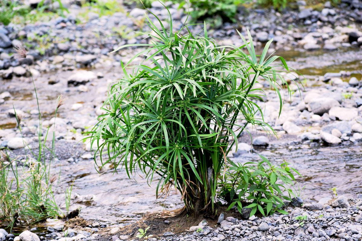 Nature, Nature 974, Nature Réunion, Nature de la Réunion, Nature à la Réunion, flore, flore 974, flore Réunion, flore de la Réunion, flore à la Réunion, fleur, fleur 974, fleur Réunion, fleur de la Réunion, fleur à la Réunion, fleurs, fleurs  974, fleurs de la Réunion, fleurs à la Réunion, fleurs Réunion, fleur blanche, fleur blanche 974, fleur blanche Réunion, fleur blanche de la Réunion, fleur blanche à la Réunion, fleur blanche commune, fleur blanche commune 974, fleur blanche commune Réunion, fleur blanche commune de la Réunion, fleur blanche commune à la Réunion, fleurs communes, fleurs communes 974, fleurs communes Réunion, fleurs communes à la Réunion, fleurs communes de la Réunion, fleurs blanches communes , fleurs blanches communes  974, fleurs blanches communes  Réunion, fleurs blanches communes  de la Réunion, fleurs blanches communes  à la Réunion, espèces florales, espèces florales 974, Réunion, espèces florales de la Réunion, espèces florales à la Réunion, fleurs blanches-verts, fleurs blanches-verts 974, Réunion, fleurs blanches-verts de la Réunion, fleurs blanches-verts à la Réunion, fleurs blanches-verts, fleurs blanches-verts à la Réunion, fleurs blanches-verts  Réunion, fleurs blanches-verts 974, fleurs blanches-verts de la Réunion, flore Réunion, flore Réunion, flore de la Réunion, flore à la Réunion, Espèce florale, Espèce florale 974, Espèce florale Réunion, Espèce florale de la Réunion, Espèce florale  à la Réunion, adventice, adventice 974, adventice  Réunion, adventice  de la Réunion, adventice  à la Réunion, adventices, adventices 974, adventices Réunion, adventices de la Réunion, adventices à la Réunion, mauvaise herbe, mauvaise herbe 974, mauvaise herbe Réunion, mauvaise herbe de la Réunion, mauvaise herbe à la Réunion, mauvaise herbe à fleurs blanches, mauvaise herbe à fleurs blanches 974, mauvaise herbe à fleurs blanches Réunion, mauvaise herbe à fleurs blanches de la Réunion, mauvaise herbe à fleurs blanches à la Réunion, mauvaise herbe à fleur blanche, mauvaise herbe à fleur blanche 974, mauvaise herbe à fleur blanche Réunion, mauvaise herbe à fleur blanche à la Réunion, mauvaise herbe à fleur blanche de la Réunion, mauvaise herbe à fleurs blanches envahissante, mauvaise herbe à fleurs blanches envahissante 974, mauvaise herbe à fleurs blanches envahissante Réunion, mauvaise herbe à fleurs blanches envahissante de la Réunion, mauvaise herbe à fleurs blanches envahissante à la Réunion, adventice à fleur blanche,  adventice à fleur blanche 974, adventice à fleur blanche Réunion,  adventice à fleur blanche de la Réunion,  adventice à fleur blanche à la Réunion,  fleurs blanches-vertes Réunion,  fleurs blanches-vertes de la Réunion,  fleurs blanches-vertes à la Réunion,  fleurs blanches-vertes 974 communs, communs Réunion, communs 974, communs de la Réunion, communs à la Réunion, introduite, introduite 974, introduite Réunion, introduite de la Réunion, introduite à la Réunion, espèce introduite, espèce introduite 974, espèce introduite Réunion, espèce introduite de la Réunion, espèce introduite,  espèce introduite 974,  espèce introduite Réunion,  espèce introduite de la Réunion,  espèce introduite à la Réunion, introduite,  introduite 974,  introduite Réunion,  introduite de la Réunion,  introduite à la Réunion, espèce de fleur,  espèce de fleur 974, espèce de fleur Réunion, espèce de fleur de la Réunion, espèce de fleur à la Réunion, fleur introduite,  fleur introduite Réunion,  fleur introduite de la Réunion,  fleur introduite à la Réunion, espèces florales introduites, espèces florales introduites 974, espèces florales introduites Réunion, espèces florales introduites de la Réunion, espèces florales introduites à la Réunion, espèce invasive, espèce invasive 974, espèce invasive Réunion, espèce invasive de la Réunion, espèce invasive à la Réunion, espèces invasives,  espèces invasives 974, espèces invasives Réunion, espèces invasives de la Réunion, espèces invasives à la Réunion, espèces florales invasives,  espèces florales invasives Réunion,  espèces florales invasives de la Réunion,  espèces florales invasives à la Réunion,   fleur invasive, fleur invasive 974, fleur invasive Réunion, fleur invasive de la Réunion, fleur invasive à la Réunion, flore invasives,  flore invasives 974, flore invasives Réunion, flore invasives de la Réunion, flore invasives à la Réunion, espèce de fleur introduite,  espèce de fleur introduite Réunion,  espèce de fleur introduite de la Réunion,  espèce de fleur introduite à la Réunion,  espèces fleurs introduites,  espèces fleurs introduites 974,  espèces fleurs introduites Réunion,  espèces fleurs introduites de la Réunion,  espèces fleurs introduites à la Réunion,  espèces fleurs invasives, espèces fleurs invasives 974, espèces fleurs invasives Réunion, espèces fleurs invasives de la Réunion, espèces fleurs invasives à la Réunion, fleurs invasives,  fleurs invasives Réunion,  fleurs invasives de la Réunion,  fleurs invasives à la Réunion, espèce de fleurs invasive, espèce de fleurs invasive 974, espèce de fleurs invasive Réunion, espèce de fleurs invasive de la Réunion, fleurs blanches introduites 974, fleurs blanches introduites Réunion, fleurs blanches introduites de la Réunion, fleurs blanches introduites à la Réunion, fleurs blanches envahissant,  fleurs blanches envahissant 974,  fleurs blanches envahissant Réunion,  fleurs blanches envahissant de la Réunion,  fleurs blanches envahissant à la Réunion, fleurs blanches et-verts, fleurs envahissant 974, fleurs envahissant Réunion, fleurs envahissant de la Réunion, fleurs envahissant à la Réunion, fleurs nuisible,  fleurs nuisible 974, fleurs nuisible Réunion, fleurs nuisible de la Réunion, fleurs nuisible à la Réunion, flore magnifique,  flore magnifique Réunion,  flore magnifique de la Réunion,  flore magnifique à la Réunion,  fleurs nuisibles,  fleurs nuisibles 974,  fleurs nuisibles Réunion,  fleurs nuisibles de la Réunion,  fleurs nuisibles à la Réunion, fleurs blanches introduites, fleurs blanches-verts 974, fleurs blanches-verts Réunion, fleurs blanches-verts de la Réunion, fleurs blanches-verts à la Réunion, espèce florales magnifique,  espèce florales magnifique 974, espèce florales magnifique Réunion, espèce florales magnifique de la Réunion, espèce florales magnifique à la Réunion, flore magnifique,  fleur magnifique,  flore magnifique de la Réunion,  flore magnifique à la Réunion, espèce de fleur invasive, espèce de fleur invasive 974, espèce de fleur invasive Réunion, espèce de fleur invasive de la Réunion, fleurs blanches-verts à la Réunion,  espèce de fleurs invasives, espèce de fleurs invasives 974, espèce de fleurs invasives Réunion, espèce de fleurs invasives de la Réunion, espèce de fleurs invasives à la Réunion, fleurs blanches introduites,  fleurs blanches introduites 974, fleurs blanches introduites Réunion, fleurs blanches introduites de la Réunion, fleurs blanches introduites à la Réunion, fleurs blanches invasives,  fleurs blanches invasives Réunion,  fleurs blanches invasives de la Réunion,  fleurs blanches invasives à la Réunion,  fleurs blanches introduits,  fleurs blanches introduits 974,  fleurs blanches introduits Réunion,  fleurs blanches introduits de la Réunion,  fleurs blanches introduits à la Réunion,  espèce de fleurs invasives, espèce de fleurs invasives 974, espèce de fleurs invasives Réunion, espèce de fleurs invasives de la Réunion, espèce de fleurs invasives à la Réunion, fleurs blanches nuisible ,  fleurs blanches nuisible  974, fleurs blanches nuisible  Réunion, fleurs blanches nuisible  de la Réunion, fleurs blanches nuisible  à la Réunion, fleurs blanches invasif,  fleurs blanches invasif Réunion,  fleurs blanches invasif de la Réunion,  fleurs blanches invasif à la Réunion,  fleur blanche et-verts,  fleur blanche et blanche 974,  fleur blanche et blanche Réunion,  fleur blanche et blanche de la Réunion, fleur blanche et blanche à la Réunion,  espèce de fleurs invasives, espèce de fleurs invasives 974, espèce de fleurs invasives Réunion, fleurs blanches, fleurs blanches 974, fleurs blanches Réunion, fleurs blanches de la Réunion,fleurs blanches à la Réunion, espèce envahissante, espèce envahissante 974, espèce envahissante Réunion, espèce envahissante de la Réunion, espèce envahissante à la Réunion, espèces envahissantes, espèces envahissantes 974, espèces envahissantes Réunion, espèces envahissantes de la Réunion, espèces envahissantes à la Réunion, espèces envahissantes de niveau 5 sur 5, espèces envahissantes de niveau 5 sur 5 974, espèces envahissantes de niveau 5 sur 5 Réunion, espèces envahissantes de niveau 5 sur 5 de la Réunion, espèces envahissantes de niveau 5 sur 5 à la Réunion, espèces envahissantes de cinq sur cinq, espèces envahissantes de cinq sur cinq 974, espèces envahissantes de cinq sur cinq Réunion, espèces envahissantes de cinq sur cinq de la Réunion, espèces envahissantes de cinq sur cinq à la Réunion, espèces envahissantes de niveau 5, espèces envahissantes de niveau 5 974, espèces envahissantes de niveau 5 Réunion, espèces envahissantes de niveau 5 de la Réunion, espèces envahissantes de niveau 5 à la Réunion, espèces envahissantes de moyen niveau niveau, espèces envahissantes de moyen niveau niveau 974, espèces envahissantes de moyen niveau niveau Réunion, espèces envahissantes de moyen niveau niveau de la Réunion, espèces envahissantes de moyen niveau niveau à la Réunion, espèces envahissantes cinq, espèces envahissantes cinq 974, espèces envahissantes cinq Réunion, espèces envahissantes cinq de la Réunion, espèces envahissantes cinq à la Réunion, espèce envahissante de niveau 5 sur 5, espèce envahissante de niveau 5 sur 5 974, espèce envahissante de niveau 5 sur 5 Réunion, espèce envahissante de niveau 5 sur 5 de la Réunion, espèce envahissante de niveau 5 sur 5 à la Réunion, espèce envahissante de cinq sur cinq, espèce envahissante de cinq sur cinq 974, espèce envahissante de cinq sur cinq Réunion, espèce envahissante de cinq sur cinq de la Réunion, espèce envahissante de cinq sur cinq à la Réunion, espèce envahissante de niveau 5, espèce envahissante de niveau 5 974, espèce envahissante de niveau 5 Réunion, espèce envahissante de niveau 5 de la Réunion, espèce envahissante de niveau 5 à la Réunion, espèce envahissante de moyen niveau niveau, espèce envahissante de moyen niveau niveau 974, espèce envahissante de moyen niveau niveau Réunion, espèce envahissante de moyen niveau niveau de la Réunion, espèce envahissante de moyen niveau niveau à la Réunion, espèce envahissante cinq, espèce envahissante cinq 974, espèce envahissante cinq Réunion, espèce envahissante cinq de la Réunion, espèce envahissante cinq à la Réunion, espèce florale envahissante de niveau 5 sur 5, espèce florale envahissante de niveau 5 sur 5 974, espèce florale envahissante de niveau 5 sur 5 Réunion, espèce florale envahissante de niveau 5 sur 5 de la Réunion, espèce florale envahissante de niveau 5 sur 5 à la Réunion, espèce florale envahissante de cinq sur cinq, espèce florale envahissante de cinq sur cinq 974, espèce florale envahissante de cinq sur cinq Réunion, espèce florale envahissante de cinq sur cinq de la Réunion, espèce florale envahissante de cinq sur cinq à la Réunion, espèce florale envahissante de niveau 5, espèce florale envahissante de niveau 5 974, espèce florale envahissante de niveau 5 Réunion, espèce florale envahissante de niveau 5 de la Réunion, espèce florale envahissante de niveau 5 à la Réunion, espèce florale envahissante de moyen niveau niveau, espèce florale envahissante de moyen niveau niveau 974, espèce florale envahissante de moyen niveau niveau Réunion, espèce florale envahissante de moyen niveau niveau de la Réunion, espèce florale envahissante de moyen niveau niveau à la Réunion, espèce florale envahissante cinq, espèce florale envahissante cinq 974, espèce florale envahissante cinq Réunion, espèce florale envahissante cinq de la Réunion, espèce florale envahissante cinq à la Réunion, espèces florales envahissantes de niveau 5 sur 5, espèces florales envahissantes de niveau 5 sur 5 974, espèces florales envahissantes de niveau 5 sur 5 Réunion, espèces florales envahissantes de niveau 5 sur 5 de la Réunion, espèces florales envahissantes de niveau 5 sur 5 à la Réunion, espèces florales envahissantes de cinq sur cinq, espèces florales envahissantes de cinq sur cinq 974, espèces florales envahissantes de cinq sur cinq Réunion, espèces florales envahissantes de cinq sur cinq de la Réunion, espèces florales envahissantes de cinq sur cinq à la Réunion, espèces florales envahissantes de niveau 5, espèces florales envahissantes de niveau 5 974, espèces florales envahissantes de niveau 5 Réunion, espèces florales envahissantes de niveau 5 de la Réunion, espèces florales envahissantes de niveau 5 à la Réunion, espèces florales envahissantes de moyen niveau niveau, espèces florales envahissantes de moyen niveau niveau 974, espèces florales envahissantes de moyen niveau niveau Réunion, espèces florales envahissantes de moyen niveau niveau de la Réunion, espèces florales envahissantes de moyen niveau niveau à la Réunion, espèces florales envahissantes cinq, espèces florales envahissantes cinq 974, espèces florales envahissantes cinq Réunion, espèces florales envahissantes cinq de la Réunion, espèces florales envahissantes cinq à la Réunion, espèces florales nuisibles de niveau 5 sur 5, espèces florales nuisibles de niveau 5 sur 5 974, espèces florales nuisibles de niveau 5 sur 5 Réunion, espèces florales nuisibles de niveau 5 sur 5 de la Réunion, espèces florales nuisibles de niveau 5 sur 5 à la Réunion, espèces florales nuisibles de cinq sur cinq, espèces florales nuisibles de cinq sur cinq 974, espèces florales nuisibles de cinq sur cinq Réunion, espèces florales nuisibles de cinq sur cinq de la Réunion, espèces florales nuisibles de cinq sur cinq à la Réunion, espèces florales nuisibles de niveau 5, espèces florales nuisibles de niveau 5 974, espèces florales nuisibles de niveau 5 Réunion, espèces florales nuisibles de niveau 5 de la Réunion, espèces florales nuisibles de niveau 5 à la Réunion, espèces florales aquatiques, espèces florales aquatiques 974, espèces florales aquatiques Réunion, espèces florales aquatiques de la Réunion, espèces florales aquatiques à la Réunion, espèces florales nuisibles cinq, espèces florales nuisibles cinq 974, espèces florales nuisibles cinq Réunion, espèces florales nuisibles cinq de la Réunion, espèces florales nuisibles cinq à la Réunion, espèce florale nuisible de niveau 5 sur 5, espèce florale nuisible de niveau 5 sur 5 974, espèce florale nuisible de niveau 5 sur 5 Réunion, espèce florale nuisible de niveau 5 sur 5 de la Réunion, espèce florale nuisible de niveau 5 sur 5 à la Réunion, espèce florale nuisible de cinq sur cinq, espèce florale nuisible de cinq sur cinq 974, espèce florale nuisible de cinq sur cinq Réunion, espèce florale nuisible de cinq sur cinq de la Réunion, espèce florale nuisible de cinq sur cinq à la Réunion, espèce florale nuisible de niveau 5, espèce florale nuisible de niveau 5 974, espèce florale nuisible de niveau 5 Réunion, espèce florale nuisible de niveau 5 de la Réunion, espèce florale nuisible de niveau 5 à la Réunion, espèce florale nuisible de moyen niveau niveau, espèce florale nuisible de moyen niveau niveau 974, espèce florale nuisible de moyen niveau niveau Réunion, espèce florale nuisible de moyen niveau niveau de la Réunion, espèce florale nuisible de moyen niveau niveau à la Réunion, espèce florale nuisible cinq, espèce florale nuisible cinq 974, espèce florale nuisible cinq Réunion, espèce florale nuisible cinq de la Réunion, espèce florale nuisible cinq à la Réunion, nuisible, nuisible 974, nuisible Réunion, nuisible de la Réunion, nuisible à la Réunion, nuisibles, nuisibles 974, nuisibles Réunion, nuisibles de la Réunion, nuisibles à la Réunion, espèce nuisible, espèce nuisible 974, espèce nuisible Réunion, espèce nuisible de la Réunion, espèce nuisible à la Réunion, espèces nuisibles, espèces nuisibles 974, espèces nuisibles Réunion, espèces nuisibles de la Réunion, espèces nuisibles à la Réunion, espèce aquatique introduites,  espèce aquatique introduites 974, espèce aquatique introduites Réunion, espèce aquatique introduites de la Réunion, espèce aquatique introduites à la Réunion, espèce aquatique invasives,  espèce aquatique invasives Réunion,  espèce aquatique invasives de la Réunion,  espèce aquatique invasives à la Réunion,  espèce aquatique introduits,  espèce aquatique introduits 974,  espèce aquatique introduits Réunion,  espèce aquatique introduits de la Réunion,  espèce aquatique introduits à la Réunion,  espèce de fleurs invasives, espèce de fleurs invasives 974, espèce de fleurs invasives Réunion, espèce de fleurs invasives de la Réunion, espèce de fleurs invasives à la Réunion, espèce aquatique nuisible ,  espèce aquatique nuisible  974, espèce aquatique nuisible  Réunion, espèce aquatique nuisible  de la Réunion, espèce aquatique nuisible  à la Réunion, espèce aquatique invasif,  espèce aquatique invasif Réunion,  espèce aquatique invasif de la Réunion,  espèce aquatique invasif à la Réunion,  fleurs blanches-vertes et-verts,  fleurs blanches-vertes et-verts 974,  fleurs blanches-vertes et-verts Réunion,  fleurs blanches-vertes et-verts de la Réunion, fleurs blanches-vertes et-verts à la Réunion,  espèce de fleurs invasives, espèce de fleurs invasives 974, espèce de fleurs invasives Réunion, espèce aquatique, espèce aquatique 974, espèce aquatique Réunion, espèce aquatique de la Réunion,espèce aquatique à la Réunion,  espèce aquatique introduites 974, espèce aquatique introduites Réunion, espèce aquatique introduites de la Réunion, espèce aquatique introduites à la Réunion, espèce aquatique envahissant,  espèce aquatique envahissant 974,  espèce aquatique envahissant Réunion,  espèce aquatique envahissant de la Réunion,  espèce aquatique envahissant à la Réunion, espèce aquatique, mauvaise herbe à espèce aquatique, mauvaise herbe à espèce aquatique 974, mauvaise herbe à espèce aquatique Réunion, mauvaise herbe à espèce aquatique de la Réunion, mauvaise herbe à espèce aquatique à la Réunion, mauvaise herbe à fleurs blanches-vertes, mauvaise herbe à fleurs blanches-vertes 974, mauvaise herbe à fleurs blanches-vertes Réunion, mauvaise herbe à fleurs blanches-vertes à la Réunion, mauvaise herbe à fleurs blanches-vertes de la Réunion, mauvaise herbe à espèce aquatique envahissante, mauvaise herbe à espèce aquatique envahissante 974, mauvaise herbe à espèce aquatique envahissante Réunion, mauvaise herbe à espèce aquatique envahissante de la Réunion, mauvaise herbe à espèce aquatique envahissante à la Réunion, adventice à fleurs blanches-vertes,  adventice à fleurs blanches-vertes 974,  adventice à fleurs blanches-vertes Réunion,  adventice à fleurs blanches-vertes de la Réunion,  adventice à fleurs blanches-vertes à la Réunion, fleurs blanches-vertes, fleurs blanches-vertes 974, fleurs blanches-vertes Réunion, fleurs blanches-vertes de la Réunion, fleurs blanches-vertes à la Réunion, fleurs blanches-vertes commune, fleurs blanches-vertes commune 974, fleurs blanches-vertes commune Réunion, fleurs blanches-vertes commune de la Réunion, fleurs blanches-vertes commune à la Réunion, fleurs communes, fleurs communes 974, fleurs communes Réunion, fleurs communes à la Réunion, fleurs communes de la Réunion, espèce aquatique communes , espèce aquatique communes  974, espèce aquatique communes  Réunion, espèce aquatique communes  de la Réunion, espèce aquatique communes  à la Réunion, espèces florales, espèces florales 974, Réunion, espèces florales de la Réunion, espèces florales à la Réunion, fleurs blanches-vertes, fleurs blanches-vertes 974,Réunion, fleurs blanches-vertes de la Réunion, fleurs blanches-vertes à la Réunion, fleurs blanches-vertes, fleurs blanches-vertes à la Réunion, fleurs blanches-vertes  Réunion, fleurs blanches-vertes 974, fleurs blanches-vertes de la Réunion, Cyperaceae, Cyperaceae 974,  Cyperaceae Réunion,  Cyperaceae de la Réunion,  Cyperaceae à la Réunion, Poales,  Poales 974,  Poales Réunion,  Poales à la Réunion,  Poales de la Réunion, Cyperus involucratus (Rottb., 1772),  Cyperus involucratus (Rottb., 1772) 974,  Cyperus involucratus (Rottb., 1772) Réunion,  Cyperus involucratus (Rottb., 1772) de la Réunion,  Cyperus involucratus (Rottb., 1772) à la Réunion,  Cyperus involucratus Rottb. 1772,  Cyperus involucratus Rottb. 1772 974,  Cyperus involucratus Rottb. 1772 Réunion,  Cyperus involucratus Rottb. 1772 de la Réunion,  Cyperus involucratus Rottb. 1772 À la Réunion, Cyperus involucratus Rottb.,  Cyperus involucratus Rottb. 974,  Cyperus involucratus Rottb. Réunion,  Cyperus involucratus Rottb. de la Réunion,  Cyperus involucratus Rottb. à la Réunion,  Cyperus involucratus Rottb,  Cyperus involucratus Rottb 974,  Cyperus involucratus Rottb Réunion,  Cyperus involucratus Rottb de la Réunion,  Cyperus involucratus Rottb à la Réunion, Cyperus involucratus,  Cyperus involucratus 974,  Cyperus involucratus Réunion,  Cyperus involucratus de la Réunion,  Cyperus involucratus à la Réunion, Cyperus, Cyperus 974, Cyperus Réunion, Cyperus à la Réunion, Cyperus de la Réunion,  Souchet, Souchet 974, Souchet Réunion, Souchet De la Réunion, Souchet À la Réunion, Cyperus flabelliformis (Rottb., 1773),  Cyperus flabelliformis (Rottb., 1773) 974,  Cyperus flabelliformis (Rottb., 1773) Réunion,  Cyperus flabelliformis (Rottb., 1773) de la Réunion,  Cyperus flabelliformis (Rottb., 1773) à la Réunion,  Cyperus flabelliformis Rottb. 1773,  Cyperus flabelliformis Rottb. 1773 974,  Cyperus flabelliformis Rottb. 1773 Réunion,  Cyperus flabelliformis Rottb. 1773 de la Réunion,  Cyperus flabelliformis Rottb. 1773 À la Réunion, Cyperus flabelliformis Rottb.,  Cyperus flabelliformis Rottb. 974,  Cyperus flabelliformis Rottb. Réunion,  Cyperus flabelliformis Rottb. de la Réunion,  Cyperus flabelliformis Rottb. à la Réunion,  Cyperus flabelliformis Rottb,  Cyperus flabelliformis Rottb 974,  Cyperus flabelliformis Rottb Réunion,  Cyperus flabelliformis Rottb de la Réunion,  Cyperus flabelliformis Rottb à la Réunion, Cyperus flabelliformis,  Cyperus flabelliformis 974,  Cyperus flabelliformis Réunion,  Cyperus flabelliformis de la Réunion,  Cyperus flabelliformis à la Réunion, Papyrus, Papyrus 974, Papyrus Réunion, Papyrus De la Réunion, Papyrus À la Réunion, Cyperus alternifolius sensu (Duss., 1897),  Cyperus alternifolius sensu (Duss., 1897) 974,  Cyperus alternifolius sensu (Duss., 1897) Réunion,  Cyperus alternifolius sensu (Duss., 1897) de la Réunion,  Cyperus alternifolius sensu (Duss., 1897) à la Réunion,  Cyperus alternifolius sensu Duss. 1897,  Cyperus alternifolius sensu Duss. 1897 974,  Cyperus alternifolius sensu Duss. 1897 Réunion,  Cyperus alternifolius sensu Duss. 1897 de la Réunion,  Cyperus alternifolius sensu Duss. 1897 À la Réunion, Cyperus alternifolius sensu Duss.,  Cyperus alternifolius sensu Duss. 974,  Cyperus alternifolius sensu Duss. Réunion,  Cyperus alternifolius sensu Duss. de la Réunion,  Cyperus alternifolius sensu Duss. à la Réunion,  Cyperus alternifolius sensu Duss,  Cyperus alternifolius sensu Duss 974,  Cyperus alternifolius sensu Duss Réunion,  Cyperus alternifolius sensu Duss de la Réunion,  Cyperus alternifolius sensu Duss à la Réunion, Cyperus alternifolius sensu,  Cyperus alternifolius sensu 974,  Cyperus alternifolius sensu Réunion,  Cyperus alternifolius sensu de la Réunion,  Cyperus alternifolius sensu à la Réunion, Cyperus alternifolius,  Cyperus alternifolius 974,  Cyperus alternifolius Réunion,  Cyperus alternifolius de la Réunion,  Cyperus alternifolius à la Réunion,  Cyperus alternifolius hort.,  Cyperus alternifolius hort. 974,  Cyperus alternifolius hort. Réunion,  Cyperus alternifolius hort. de la Réunion,  Cyperus alternifolius hort. À la Réunion, Cyperus alternifolius hort,  Cyperus alternifolius hort 974,  Cyperus alternifolius hort Réunion,  Cyperus alternifolius hort de la Réunion,  Cyperus alternifolius hort à la Réunion, Cyperus alternifolius subsp. flabelliformis (Rottb.) (Kük., 1936),  Cyperus alternifolius subsp. flabelliformis (Rottb.) (Kük., 1936) 974,  Cyperus alternifolius subsp. flabelliformis (Rottb.) (Kük., 1936) Réunion,  Cyperus alternifolius subsp. flabelliformis (Rottb.) (Kük., 1936) de la Réunion,  Cyperus alternifolius subsp. flabelliformis (Rottb.) (Kük., 1936) à la Réunion,  Cyperus alternifolius subsp. flabelliformis (Rottb.) Kük. 1936,  Cyperus alternifolius subsp. flabelliformis (Rottb.) Kük. 1936 974,  Cyperus alternifolius subsp. flabelliformis (Rottb.) Kük. 1936 Réunion,  Cyperus alternifolius subsp. flabelliformis (Rottb.) Kük. 1936 de la Réunion,  Cyperus alternifolius subsp. flabelliformis (Rottb.) Kük. 1936 À la Réunion, Cyperus alternifolius subsp. flabelliformis (Rottb.) Kük.,  Cyperus alternifolius subsp. flabelliformis (Rottb.) Kük. 974,  Cyperus alternifolius subsp. flabelliformis (Rottb.) Kük. Réunion,  Cyperus alternifolius subsp. flabelliformis (Rottb.) Kük. de la Réunion,  Cyperus alternifolius subsp. flabelliformis (Rottb.) Kük. à la Réunion,  Cyperus alternifolius subsp. flabelliformis (Rottb.) Kük,  Cyperus alternifolius subsp. flabelliformis (Rottb.) Kük 974,  Cyperus alternifolius subsp. flabelliformis (Rottb.) Kük Réunion,  Cyperus alternifolius subsp. flabelliformis (Rottb.) Kük de la Réunion,  Cyperus alternifolius subsp. flabelliformis (Rottb.) Kük à la Réunion, Cyperus alternifolius subsp. flabelliformis (Rottb.),  Cyperus alternifolius subsp. flabelliformis (Rottb.) 974,  Cyperus alternifolius subsp. flabelliformis (Rottb.) Réunion,  Cyperus alternifolius subsp. flabelliformis (Rottb.) de la Réunion,  Cyperus alternifolius subsp. flabelliformis Rottb.,  Cyperus alternifolius subsp. flabelliformis Rottb. 974,  Cyperus alternifolius subsp. flabelliformis Rottb. Réunion,  Cyperus alternifolius subsp. flabelliformis Rottb. de la Réunion,  Cyperus alternifolius subsp. flabelliformis Rottb. à la Réunion,  Cyperus alternifolius subsp. flabelliformis Rottb,  Cyperus alternifolius subsp. flabelliformis Rottb 974,  Cyperus alternifolius subsp. flabelliformis Rottb Réunion,  Cyperus alternifolius subsp. flabelliformis Rottb de la Réunion,  Cyperus alternifolius subsp. flabelliformis Rottb À la Réunion, Cyperus alternifolius subsp. flabelliformis,  Cyperus alternifolius subsp. flabelliformis 974,  Cyperus alternifolius subsp. flabelliformis Réunion,  Cyperus alternifolius subsp. flabelliformis de la Réunion,  Cyperus alternifolius subsp. flabelliformis à la Réunion,  Cyperus alternifolius subsp.,  Cyperus alternifolius subsp. 974,  Cyperus alternifolius subsp. Réunion,  Cyperus alternifolius subsp. de la Réunion,  Cyperus alternifolius subsp. à la Réunion, Cyperus alternifolius subsp,  Cyperus alternifolius subsp 974,  Cyperus alternifolius subsp Réunion,  Cyperus alternifolius subsp de la Réunion,  Cyperus alternifolius subsp à la Réunion,