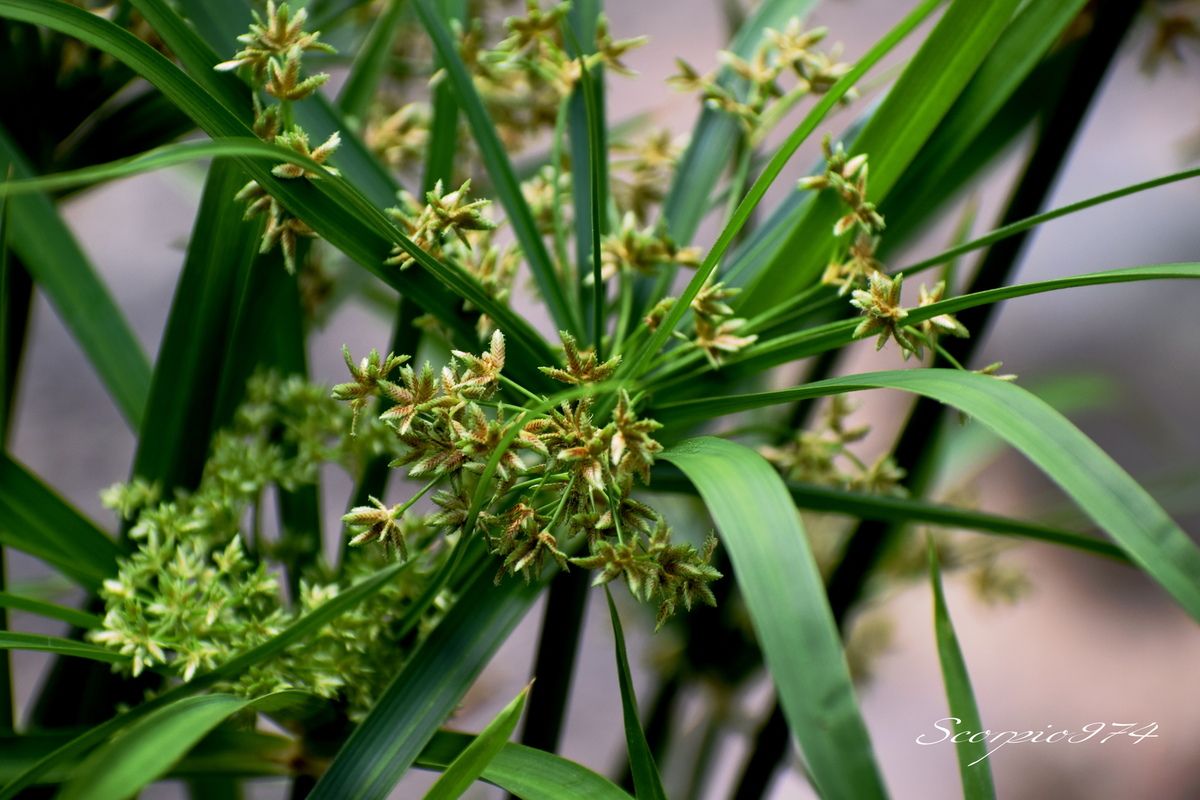 Nature, Nature 974, Nature Réunion, Nature de la Réunion, Nature à la Réunion, flore, flore 974, flore Réunion, flore de la Réunion, flore à la Réunion, fleur, fleur 974, fleur Réunion, fleur de la Réunion, fleur à la Réunion, fleurs, fleurs  974, fleurs de la Réunion, fleurs à la Réunion, fleurs Réunion, fleur blanche, fleur blanche 974, fleur blanche Réunion, fleur blanche de la Réunion, fleur blanche à la Réunion, fleur blanche commune, fleur blanche commune 974, fleur blanche commune Réunion, fleur blanche commune de la Réunion, fleur blanche commune à la Réunion, fleurs communes, fleurs communes 974, fleurs communes Réunion, fleurs communes à la Réunion, fleurs communes de la Réunion, fleurs blanches communes , fleurs blanches communes  974, fleurs blanches communes  Réunion, fleurs blanches communes  de la Réunion, fleurs blanches communes  à la Réunion, espèces florales, espèces florales 974, Réunion, espèces florales de la Réunion, espèces florales à la Réunion, fleurs blanches-verts, fleurs blanches-verts 974, Réunion, fleurs blanches-verts de la Réunion, fleurs blanches-verts à la Réunion, fleurs blanches-verts, fleurs blanches-verts à la Réunion, fleurs blanches-verts  Réunion, fleurs blanches-verts 974, fleurs blanches-verts de la Réunion, flore Réunion, flore Réunion, flore de la Réunion, flore à la Réunion, Espèce florale, Espèce florale 974, Espèce florale Réunion, Espèce florale de la Réunion, Espèce florale  à la Réunion, adventice, adventice 974, adventice  Réunion, adventice  de la Réunion, adventice  à la Réunion, adventices, adventices 974, adventices Réunion, adventices de la Réunion, adventices à la Réunion, mauvaise herbe, mauvaise herbe 974, mauvaise herbe Réunion, mauvaise herbe de la Réunion, mauvaise herbe à la Réunion, mauvaise herbe à fleurs blanches, mauvaise herbe à fleurs blanches 974, mauvaise herbe à fleurs blanches Réunion, mauvaise herbe à fleurs blanches de la Réunion, mauvaise herbe à fleurs blanches à la Réunion, mauvaise herbe à fleur blanche, mauvaise herbe à fleur blanche 974, mauvaise herbe à fleur blanche Réunion, mauvaise herbe à fleur blanche à la Réunion, mauvaise herbe à fleur blanche de la Réunion, mauvaise herbe à fleurs blanches envahissante, mauvaise herbe à fleurs blanches envahissante 974, mauvaise herbe à fleurs blanches envahissante Réunion, mauvaise herbe à fleurs blanches envahissante de la Réunion, mauvaise herbe à fleurs blanches envahissante à la Réunion, adventice à fleur blanche,  adventice à fleur blanche 974, adventice à fleur blanche Réunion,  adventice à fleur blanche de la Réunion,  adventice à fleur blanche à la Réunion,  fleurs blanches-vertes Réunion,  fleurs blanches-vertes de la Réunion,  fleurs blanches-vertes à la Réunion,  fleurs blanches-vertes 974 communs, communs Réunion, communs 974, communs de la Réunion, communs à la Réunion, introduite, introduite 974, introduite Réunion, introduite de la Réunion, introduite à la Réunion, espèce introduite, espèce introduite 974, espèce introduite Réunion, espèce introduite de la Réunion, espèce introduite,  espèce introduite 974,  espèce introduite Réunion,  espèce introduite de la Réunion,  espèce introduite à la Réunion, introduite,  introduite 974,  introduite Réunion,  introduite de la Réunion,  introduite à la Réunion, espèce de fleur,  espèce de fleur 974, espèce de fleur Réunion, espèce de fleur de la Réunion, espèce de fleur à la Réunion, fleur introduite,  fleur introduite Réunion,  fleur introduite de la Réunion,  fleur introduite à la Réunion, espèces florales introduites, espèces florales introduites 974, espèces florales introduites Réunion, espèces florales introduites de la Réunion, espèces florales introduites à la Réunion, espèce invasive, espèce invasive 974, espèce invasive Réunion, espèce invasive de la Réunion, espèce invasive à la Réunion, espèces invasives,  espèces invasives 974, espèces invasives Réunion, espèces invasives de la Réunion, espèces invasives à la Réunion, espèces florales invasives,  espèces florales invasives Réunion,  espèces florales invasives de la Réunion,  espèces florales invasives à la Réunion,   fleur invasive, fleur invasive 974, fleur invasive Réunion, fleur invasive de la Réunion, fleur invasive à la Réunion, flore invasives,  flore invasives 974, flore invasives Réunion, flore invasives de la Réunion, flore invasives à la Réunion, espèce de fleur introduite,  espèce de fleur introduite Réunion,  espèce de fleur introduite de la Réunion,  espèce de fleur introduite à la Réunion,  espèces fleurs introduites,  espèces fleurs introduites 974,  espèces fleurs introduites Réunion,  espèces fleurs introduites de la Réunion,  espèces fleurs introduites à la Réunion,  espèces fleurs invasives, espèces fleurs invasives 974, espèces fleurs invasives Réunion, espèces fleurs invasives de la Réunion, espèces fleurs invasives à la Réunion, fleurs invasives,  fleurs invasives Réunion,  fleurs invasives de la Réunion,  fleurs invasives à la Réunion, espèce de fleurs invasive, espèce de fleurs invasive 974, espèce de fleurs invasive Réunion, espèce de fleurs invasive de la Réunion, fleurs blanches introduites 974, fleurs blanches introduites Réunion, fleurs blanches introduites de la Réunion, fleurs blanches introduites à la Réunion, fleurs blanches envahissant,  fleurs blanches envahissant 974,  fleurs blanches envahissant Réunion,  fleurs blanches envahissant de la Réunion,  fleurs blanches envahissant à la Réunion, fleurs blanches et-verts, fleurs envahissant 974, fleurs envahissant Réunion, fleurs envahissant de la Réunion, fleurs envahissant à la Réunion, fleurs nuisible,  fleurs nuisible 974, fleurs nuisible Réunion, fleurs nuisible de la Réunion, fleurs nuisible à la Réunion, flore magnifique,  flore magnifique Réunion,  flore magnifique de la Réunion,  flore magnifique à la Réunion,  fleurs nuisibles,  fleurs nuisibles 974,  fleurs nuisibles Réunion,  fleurs nuisibles de la Réunion,  fleurs nuisibles à la Réunion, fleurs blanches introduites, fleurs blanches-verts 974, fleurs blanches-verts Réunion, fleurs blanches-verts de la Réunion, fleurs blanches-verts à la Réunion, espèce florales magnifique,  espèce florales magnifique 974, espèce florales magnifique Réunion, espèce florales magnifique de la Réunion, espèce florales magnifique à la Réunion, flore magnifique,  fleur magnifique,  flore magnifique de la Réunion,  flore magnifique à la Réunion, espèce de fleur invasive, espèce de fleur invasive 974, espèce de fleur invasive Réunion, espèce de fleur invasive de la Réunion, fleurs blanches-verts à la Réunion,  espèce de fleurs invasives, espèce de fleurs invasives 974, espèce de fleurs invasives Réunion, espèce de fleurs invasives de la Réunion, espèce de fleurs invasives à la Réunion, fleurs blanches introduites,  fleurs blanches introduites 974, fleurs blanches introduites Réunion, fleurs blanches introduites de la Réunion, fleurs blanches introduites à la Réunion, fleurs blanches invasives,  fleurs blanches invasives Réunion,  fleurs blanches invasives de la Réunion,  fleurs blanches invasives à la Réunion,  fleurs blanches introduits,  fleurs blanches introduits 974,  fleurs blanches introduits Réunion,  fleurs blanches introduits de la Réunion,  fleurs blanches introduits à la Réunion,  espèce de fleurs invasives, espèce de fleurs invasives 974, espèce de fleurs invasives Réunion, espèce de fleurs invasives de la Réunion, espèce de fleurs invasives à la Réunion, fleurs blanches nuisible ,  fleurs blanches nuisible  974, fleurs blanches nuisible  Réunion, fleurs blanches nuisible  de la Réunion, fleurs blanches nuisible  à la Réunion, fleurs blanches invasif,  fleurs blanches invasif Réunion,  fleurs blanches invasif de la Réunion,  fleurs blanches invasif à la Réunion,  fleur blanche et-verts,  fleur blanche et blanche 974,  fleur blanche et blanche Réunion,  fleur blanche et blanche de la Réunion, fleur blanche et blanche à la Réunion,  espèce de fleurs invasives, espèce de fleurs invasives 974, espèce de fleurs invasives Réunion, fleurs blanches, fleurs blanches 974, fleurs blanches Réunion, fleurs blanches de la Réunion,fleurs blanches à la Réunion, espèce envahissante, espèce envahissante 974, espèce envahissante Réunion, espèce envahissante de la Réunion, espèce envahissante à la Réunion, espèces envahissantes, espèces envahissantes 974, espèces envahissantes Réunion, espèces envahissantes de la Réunion, espèces envahissantes à la Réunion, espèces envahissantes de niveau 5 sur 5, espèces envahissantes de niveau 5 sur 5 974, espèces envahissantes de niveau 5 sur 5 Réunion, espèces envahissantes de niveau 5 sur 5 de la Réunion, espèces envahissantes de niveau 5 sur 5 à la Réunion, espèces envahissantes de cinq sur cinq, espèces envahissantes de cinq sur cinq 974, espèces envahissantes de cinq sur cinq Réunion, espèces envahissantes de cinq sur cinq de la Réunion, espèces envahissantes de cinq sur cinq à la Réunion, espèces envahissantes de niveau 5, espèces envahissantes de niveau 5 974, espèces envahissantes de niveau 5 Réunion, espèces envahissantes de niveau 5 de la Réunion, espèces envahissantes de niveau 5 à la Réunion, espèces envahissantes de moyen niveau niveau, espèces envahissantes de moyen niveau niveau 974, espèces envahissantes de moyen niveau niveau Réunion, espèces envahissantes de moyen niveau niveau de la Réunion, espèces envahissantes de moyen niveau niveau à la Réunion, espèces envahissantes cinq, espèces envahissantes cinq 974, espèces envahissantes cinq Réunion, espèces envahissantes cinq de la Réunion, espèces envahissantes cinq à la Réunion, espèce envahissante de niveau 5 sur 5, espèce envahissante de niveau 5 sur 5 974, espèce envahissante de niveau 5 sur 5 Réunion, espèce envahissante de niveau 5 sur 5 de la Réunion, espèce envahissante de niveau 5 sur 5 à la Réunion, espèce envahissante de cinq sur cinq, espèce envahissante de cinq sur cinq 974, espèce envahissante de cinq sur cinq Réunion, espèce envahissante de cinq sur cinq de la Réunion, espèce envahissante de cinq sur cinq à la Réunion, espèce envahissante de niveau 5, espèce envahissante de niveau 5 974, espèce envahissante de niveau 5 Réunion, espèce envahissante de niveau 5 de la Réunion, espèce envahissante de niveau 5 à la Réunion, espèce envahissante de moyen niveau niveau, espèce envahissante de moyen niveau niveau 974, espèce envahissante de moyen niveau niveau Réunion, espèce envahissante de moyen niveau niveau de la Réunion, espèce envahissante de moyen niveau niveau à la Réunion, espèce envahissante cinq, espèce envahissante cinq 974, espèce envahissante cinq Réunion, espèce envahissante cinq de la Réunion, espèce envahissante cinq à la Réunion, espèce florale envahissante de niveau 5 sur 5, espèce florale envahissante de niveau 5 sur 5 974, espèce florale envahissante de niveau 5 sur 5 Réunion, espèce florale envahissante de niveau 5 sur 5 de la Réunion, espèce florale envahissante de niveau 5 sur 5 à la Réunion, espèce florale envahissante de cinq sur cinq, espèce florale envahissante de cinq sur cinq 974, espèce florale envahissante de cinq sur cinq Réunion, espèce florale envahissante de cinq sur cinq de la Réunion, espèce florale envahissante de cinq sur cinq à la Réunion, espèce florale envahissante de niveau 5, espèce florale envahissante de niveau 5 974, espèce florale envahissante de niveau 5 Réunion, espèce florale envahissante de niveau 5 de la Réunion, espèce florale envahissante de niveau 5 à la Réunion, espèce florale envahissante de moyen niveau niveau, espèce florale envahissante de moyen niveau niveau 974, espèce florale envahissante de moyen niveau niveau Réunion, espèce florale envahissante de moyen niveau niveau de la Réunion, espèce florale envahissante de moyen niveau niveau à la Réunion, espèce florale envahissante cinq, espèce florale envahissante cinq 974, espèce florale envahissante cinq Réunion, espèce florale envahissante cinq de la Réunion, espèce florale envahissante cinq à la Réunion, espèces florales envahissantes de niveau 5 sur 5, espèces florales envahissantes de niveau 5 sur 5 974, espèces florales envahissantes de niveau 5 sur 5 Réunion, espèces florales envahissantes de niveau 5 sur 5 de la Réunion, espèces florales envahissantes de niveau 5 sur 5 à la Réunion, espèces florales envahissantes de cinq sur cinq, espèces florales envahissantes de cinq sur cinq 974, espèces florales envahissantes de cinq sur cinq Réunion, espèces florales envahissantes de cinq sur cinq de la Réunion, espèces florales envahissantes de cinq sur cinq à la Réunion, espèces florales envahissantes de niveau 5, espèces florales envahissantes de niveau 5 974, espèces florales envahissantes de niveau 5 Réunion, espèces florales envahissantes de niveau 5 de la Réunion, espèces florales envahissantes de niveau 5 à la Réunion, espèces florales envahissantes de moyen niveau niveau, espèces florales envahissantes de moyen niveau niveau 974, espèces florales envahissantes de moyen niveau niveau Réunion, espèces florales envahissantes de moyen niveau niveau de la Réunion, espèces florales envahissantes de moyen niveau niveau à la Réunion, espèces florales envahissantes cinq, espèces florales envahissantes cinq 974, espèces florales envahissantes cinq Réunion, espèces florales envahissantes cinq de la Réunion, espèces florales envahissantes cinq à la Réunion, espèces florales nuisibles de niveau 5 sur 5, espèces florales nuisibles de niveau 5 sur 5 974, espèces florales nuisibles de niveau 5 sur 5 Réunion, espèces florales nuisibles de niveau 5 sur 5 de la Réunion, espèces florales nuisibles de niveau 5 sur 5 à la Réunion, espèces florales nuisibles de cinq sur cinq, espèces florales nuisibles de cinq sur cinq 974, espèces florales nuisibles de cinq sur cinq Réunion, espèces florales nuisibles de cinq sur cinq de la Réunion, espèces florales nuisibles de cinq sur cinq à la Réunion, espèces florales nuisibles de niveau 5, espèces florales nuisibles de niveau 5 974, espèces florales nuisibles de niveau 5 Réunion, espèces florales nuisibles de niveau 5 de la Réunion, espèces florales nuisibles de niveau 5 à la Réunion, espèces florales aquatiques, espèces florales aquatiques 974, espèces florales aquatiques Réunion, espèces florales aquatiques de la Réunion, espèces florales aquatiques à la Réunion, espèces florales nuisibles cinq, espèces florales nuisibles cinq 974, espèces florales nuisibles cinq Réunion, espèces florales nuisibles cinq de la Réunion, espèces florales nuisibles cinq à la Réunion, espèce florale nuisible de niveau 5 sur 5, espèce florale nuisible de niveau 5 sur 5 974, espèce florale nuisible de niveau 5 sur 5 Réunion, espèce florale nuisible de niveau 5 sur 5 de la Réunion, espèce florale nuisible de niveau 5 sur 5 à la Réunion, espèce florale nuisible de cinq sur cinq, espèce florale nuisible de cinq sur cinq 974, espèce florale nuisible de cinq sur cinq Réunion, espèce florale nuisible de cinq sur cinq de la Réunion, espèce florale nuisible de cinq sur cinq à la Réunion, espèce florale nuisible de niveau 5, espèce florale nuisible de niveau 5 974, espèce florale nuisible de niveau 5 Réunion, espèce florale nuisible de niveau 5 de la Réunion, espèce florale nuisible de niveau 5 à la Réunion, espèce florale nuisible de moyen niveau niveau, espèce florale nuisible de moyen niveau niveau 974, espèce florale nuisible de moyen niveau niveau Réunion, espèce florale nuisible de moyen niveau niveau de la Réunion, espèce florale nuisible de moyen niveau niveau à la Réunion, espèce florale nuisible cinq, espèce florale nuisible cinq 974, espèce florale nuisible cinq Réunion, espèce florale nuisible cinq de la Réunion, espèce florale nuisible cinq à la Réunion, nuisible, nuisible 974, nuisible Réunion, nuisible de la Réunion, nuisible à la Réunion, nuisibles, nuisibles 974, nuisibles Réunion, nuisibles de la Réunion, nuisibles à la Réunion, espèce nuisible, espèce nuisible 974, espèce nuisible Réunion, espèce nuisible de la Réunion, espèce nuisible à la Réunion, espèces nuisibles, espèces nuisibles 974, espèces nuisibles Réunion, espèces nuisibles de la Réunion, espèces nuisibles à la Réunion, espèce aquatique introduites,  espèce aquatique introduites 974, espèce aquatique introduites Réunion, espèce aquatique introduites de la Réunion, espèce aquatique introduites à la Réunion, espèce aquatique invasives,  espèce aquatique invasives Réunion,  espèce aquatique invasives de la Réunion,  espèce aquatique invasives à la Réunion,  espèce aquatique introduits,  espèce aquatique introduits 974,  espèce aquatique introduits Réunion,  espèce aquatique introduits de la Réunion,  espèce aquatique introduits à la Réunion,  espèce de fleurs invasives, espèce de fleurs invasives 974, espèce de fleurs invasives Réunion, espèce de fleurs invasives de la Réunion, espèce de fleurs invasives à la Réunion, espèce aquatique nuisible ,  espèce aquatique nuisible  974, espèce aquatique nuisible  Réunion, espèce aquatique nuisible  de la Réunion, espèce aquatique nuisible  à la Réunion, espèce aquatique invasif,  espèce aquatique invasif Réunion,  espèce aquatique invasif de la Réunion,  espèce aquatique invasif à la Réunion,  fleurs blanches-vertes et-verts,  fleurs blanches-vertes et-verts 974,  fleurs blanches-vertes et-verts Réunion,  fleurs blanches-vertes et-verts de la Réunion, fleurs blanches-vertes et-verts à la Réunion,  espèce de fleurs invasives, espèce de fleurs invasives 974, espèce de fleurs invasives Réunion, espèce aquatique, espèce aquatique 974, espèce aquatique Réunion, espèce aquatique de la Réunion,espèce aquatique à la Réunion,  espèce aquatique introduites 974, espèce aquatique introduites Réunion, espèce aquatique introduites de la Réunion, espèce aquatique introduites à la Réunion, espèce aquatique envahissant,  espèce aquatique envahissant 974,  espèce aquatique envahissant Réunion,  espèce aquatique envahissant de la Réunion,  espèce aquatique envahissant à la Réunion, espèce aquatique, mauvaise herbe à espèce aquatique, mauvaise herbe à espèce aquatique 974, mauvaise herbe à espèce aquatique Réunion, mauvaise herbe à espèce aquatique de la Réunion, mauvaise herbe à espèce aquatique à la Réunion, mauvaise herbe à fleurs blanches-vertes, mauvaise herbe à fleurs blanches-vertes 974, mauvaise herbe à fleurs blanches-vertes Réunion, mauvaise herbe à fleurs blanches-vertes à la Réunion, mauvaise herbe à fleurs blanches-vertes de la Réunion, mauvaise herbe à espèce aquatique envahissante, mauvaise herbe à espèce aquatique envahissante 974, mauvaise herbe à espèce aquatique envahissante Réunion, mauvaise herbe à espèce aquatique envahissante de la Réunion, mauvaise herbe à espèce aquatique envahissante à la Réunion, adventice à fleurs blanches-vertes,  adventice à fleurs blanches-vertes 974,  adventice à fleurs blanches-vertes Réunion,  adventice à fleurs blanches-vertes de la Réunion,  adventice à fleurs blanches-vertes à la Réunion, fleurs blanches-vertes, fleurs blanches-vertes 974, fleurs blanches-vertes Réunion, fleurs blanches-vertes de la Réunion, fleurs blanches-vertes à la Réunion, fleurs blanches-vertes commune, fleurs blanches-vertes commune 974, fleurs blanches-vertes commune Réunion, fleurs blanches-vertes commune de la Réunion, fleurs blanches-vertes commune à la Réunion, fleurs communes, fleurs communes 974, fleurs communes Réunion, fleurs communes à la Réunion, fleurs communes de la Réunion, espèce aquatique communes , espèce aquatique communes  974, espèce aquatique communes  Réunion, espèce aquatique communes  de la Réunion, espèce aquatique communes  à la Réunion, espèces florales, espèces florales 974, Réunion, espèces florales de la Réunion, espèces florales à la Réunion, fleurs blanches-vertes, fleurs blanches-vertes 974,Réunion, fleurs blanches-vertes de la Réunion, fleurs blanches-vertes à la Réunion, fleurs blanches-vertes, fleurs blanches-vertes à la Réunion, fleurs blanches-vertes  Réunion, fleurs blanches-vertes 974, fleurs blanches-vertes de la Réunion, Cyperaceae, Cyperaceae 974,  Cyperaceae Réunion,  Cyperaceae de la Réunion,  Cyperaceae à la Réunion, Poales,  Poales 974,  Poales Réunion,  Poales à la Réunion,  Poales de la Réunion, Cyperus involucratus (Rottb., 1772),  Cyperus involucratus (Rottb., 1772) 974,  Cyperus involucratus (Rottb., 1772) Réunion,  Cyperus involucratus (Rottb., 1772) de la Réunion,  Cyperus involucratus (Rottb., 1772) à la Réunion,  Cyperus involucratus Rottb. 1772,  Cyperus involucratus Rottb. 1772 974,  Cyperus involucratus Rottb. 1772 Réunion,  Cyperus involucratus Rottb. 1772 de la Réunion,  Cyperus involucratus Rottb. 1772 À la Réunion, Cyperus involucratus Rottb.,  Cyperus involucratus Rottb. 974,  Cyperus involucratus Rottb. Réunion,  Cyperus involucratus Rottb. de la Réunion,  Cyperus involucratus Rottb. à la Réunion,  Cyperus involucratus Rottb,  Cyperus involucratus Rottb 974,  Cyperus involucratus Rottb Réunion,  Cyperus involucratus Rottb de la Réunion,  Cyperus involucratus Rottb à la Réunion, Cyperus involucratus,  Cyperus involucratus 974,  Cyperus involucratus Réunion,  Cyperus involucratus de la Réunion,  Cyperus involucratus à la Réunion, Cyperus, Cyperus 974, Cyperus Réunion, Cyperus à la Réunion, Cyperus de la Réunion,  Souchet, Souchet 974, Souchet Réunion, Souchet De la Réunion, Souchet À la Réunion, Cyperus flabelliformis (Rottb., 1773),  Cyperus flabelliformis (Rottb., 1773) 974,  Cyperus flabelliformis (Rottb., 1773) Réunion,  Cyperus flabelliformis (Rottb., 1773) de la Réunion,  Cyperus flabelliformis (Rottb., 1773) à la Réunion,  Cyperus flabelliformis Rottb. 1773,  Cyperus flabelliformis Rottb. 1773 974,  Cyperus flabelliformis Rottb. 1773 Réunion,  Cyperus flabelliformis Rottb. 1773 de la Réunion,  Cyperus flabelliformis Rottb. 1773 À la Réunion, Cyperus flabelliformis Rottb.,  Cyperus flabelliformis Rottb. 974,  Cyperus flabelliformis Rottb. Réunion,  Cyperus flabelliformis Rottb. de la Réunion,  Cyperus flabelliformis Rottb. à la Réunion,  Cyperus flabelliformis Rottb,  Cyperus flabelliformis Rottb 974,  Cyperus flabelliformis Rottb Réunion,  Cyperus flabelliformis Rottb de la Réunion,  Cyperus flabelliformis Rottb à la Réunion, Cyperus flabelliformis,  Cyperus flabelliformis 974,  Cyperus flabelliformis Réunion,  Cyperus flabelliformis de la Réunion,  Cyperus flabelliformis à la Réunion, Papyrus, Papyrus 974, Papyrus Réunion, Papyrus De la Réunion, Papyrus À la Réunion, Cyperus alternifolius sensu (Duss., 1897),  Cyperus alternifolius sensu (Duss., 1897) 974,  Cyperus alternifolius sensu (Duss., 1897) Réunion,  Cyperus alternifolius sensu (Duss., 1897) de la Réunion,  Cyperus alternifolius sensu (Duss., 1897) à la Réunion,  Cyperus alternifolius sensu Duss. 1897,  Cyperus alternifolius sensu Duss. 1897 974,  Cyperus alternifolius sensu Duss. 1897 Réunion,  Cyperus alternifolius sensu Duss. 1897 de la Réunion,  Cyperus alternifolius sensu Duss. 1897 À la Réunion, Cyperus alternifolius sensu Duss.,  Cyperus alternifolius sensu Duss. 974,  Cyperus alternifolius sensu Duss. Réunion,  Cyperus alternifolius sensu Duss. de la Réunion,  Cyperus alternifolius sensu Duss. à la Réunion,  Cyperus alternifolius sensu Duss,  Cyperus alternifolius sensu Duss 974,  Cyperus alternifolius sensu Duss Réunion,  Cyperus alternifolius sensu Duss de la Réunion,  Cyperus alternifolius sensu Duss à la Réunion, Cyperus alternifolius sensu,  Cyperus alternifolius sensu 974,  Cyperus alternifolius sensu Réunion,  Cyperus alternifolius sensu de la Réunion,  Cyperus alternifolius sensu à la Réunion, Cyperus alternifolius,  Cyperus alternifolius 974,  Cyperus alternifolius Réunion,  Cyperus alternifolius de la Réunion,  Cyperus alternifolius à la Réunion,  Cyperus alternifolius hort.,  Cyperus alternifolius hort. 974,  Cyperus alternifolius hort. Réunion,  Cyperus alternifolius hort. de la Réunion,  Cyperus alternifolius hort. À la Réunion, Cyperus alternifolius hort,  Cyperus alternifolius hort 974,  Cyperus alternifolius hort Réunion,  Cyperus alternifolius hort de la Réunion,  Cyperus alternifolius hort à la Réunion, Cyperus alternifolius subsp. flabelliformis (Rottb.) (Kük., 1936),  Cyperus alternifolius subsp. flabelliformis (Rottb.) (Kük., 1936) 974,  Cyperus alternifolius subsp. flabelliformis (Rottb.) (Kük., 1936) Réunion,  Cyperus alternifolius subsp. flabelliformis (Rottb.) (Kük., 1936) de la Réunion,  Cyperus alternifolius subsp. flabelliformis (Rottb.) (Kük., 1936) à la Réunion,  Cyperus alternifolius subsp. flabelliformis (Rottb.) Kük. 1936,  Cyperus alternifolius subsp. flabelliformis (Rottb.) Kük. 1936 974,  Cyperus alternifolius subsp. flabelliformis (Rottb.) Kük. 1936 Réunion,  Cyperus alternifolius subsp. flabelliformis (Rottb.) Kük. 1936 de la Réunion,  Cyperus alternifolius subsp. flabelliformis (Rottb.) Kük. 1936 À la Réunion, Cyperus alternifolius subsp. flabelliformis (Rottb.) Kük.,  Cyperus alternifolius subsp. flabelliformis (Rottb.) Kük. 974,  Cyperus alternifolius subsp. flabelliformis (Rottb.) Kük. Réunion,  Cyperus alternifolius subsp. flabelliformis (Rottb.) Kük. de la Réunion,  Cyperus alternifolius subsp. flabelliformis (Rottb.) Kük. à la Réunion,  Cyperus alternifolius subsp. flabelliformis (Rottb.) Kük,  Cyperus alternifolius subsp. flabelliformis (Rottb.) Kük 974,  Cyperus alternifolius subsp. flabelliformis (Rottb.) Kük Réunion,  Cyperus alternifolius subsp. flabelliformis (Rottb.) Kük de la Réunion,  Cyperus alternifolius subsp. flabelliformis (Rottb.) Kük à la Réunion, Cyperus alternifolius subsp. flabelliformis (Rottb.),  Cyperus alternifolius subsp. flabelliformis (Rottb.) 974,  Cyperus alternifolius subsp. flabelliformis (Rottb.) Réunion,  Cyperus alternifolius subsp. flabelliformis (Rottb.) de la Réunion,  Cyperus alternifolius subsp. flabelliformis Rottb.,  Cyperus alternifolius subsp. flabelliformis Rottb. 974,  Cyperus alternifolius subsp. flabelliformis Rottb. Réunion,  Cyperus alternifolius subsp. flabelliformis Rottb. de la Réunion,  Cyperus alternifolius subsp. flabelliformis Rottb. à la Réunion,  Cyperus alternifolius subsp. flabelliformis Rottb,  Cyperus alternifolius subsp. flabelliformis Rottb 974,  Cyperus alternifolius subsp. flabelliformis Rottb Réunion,  Cyperus alternifolius subsp. flabelliformis Rottb de la Réunion,  Cyperus alternifolius subsp. flabelliformis Rottb À la Réunion, Cyperus alternifolius subsp. flabelliformis,  Cyperus alternifolius subsp. flabelliformis 974,  Cyperus alternifolius subsp. flabelliformis Réunion,  Cyperus alternifolius subsp. flabelliformis de la Réunion,  Cyperus alternifolius subsp. flabelliformis à la Réunion,  Cyperus alternifolius subsp.,  Cyperus alternifolius subsp. 974,  Cyperus alternifolius subsp. Réunion,  Cyperus alternifolius subsp. de la Réunion,  Cyperus alternifolius subsp. à la Réunion, Cyperus alternifolius subsp,  Cyperus alternifolius subsp 974,  Cyperus alternifolius subsp Réunion,  Cyperus alternifolius subsp de la Réunion,  Cyperus alternifolius subsp à la Réunion,