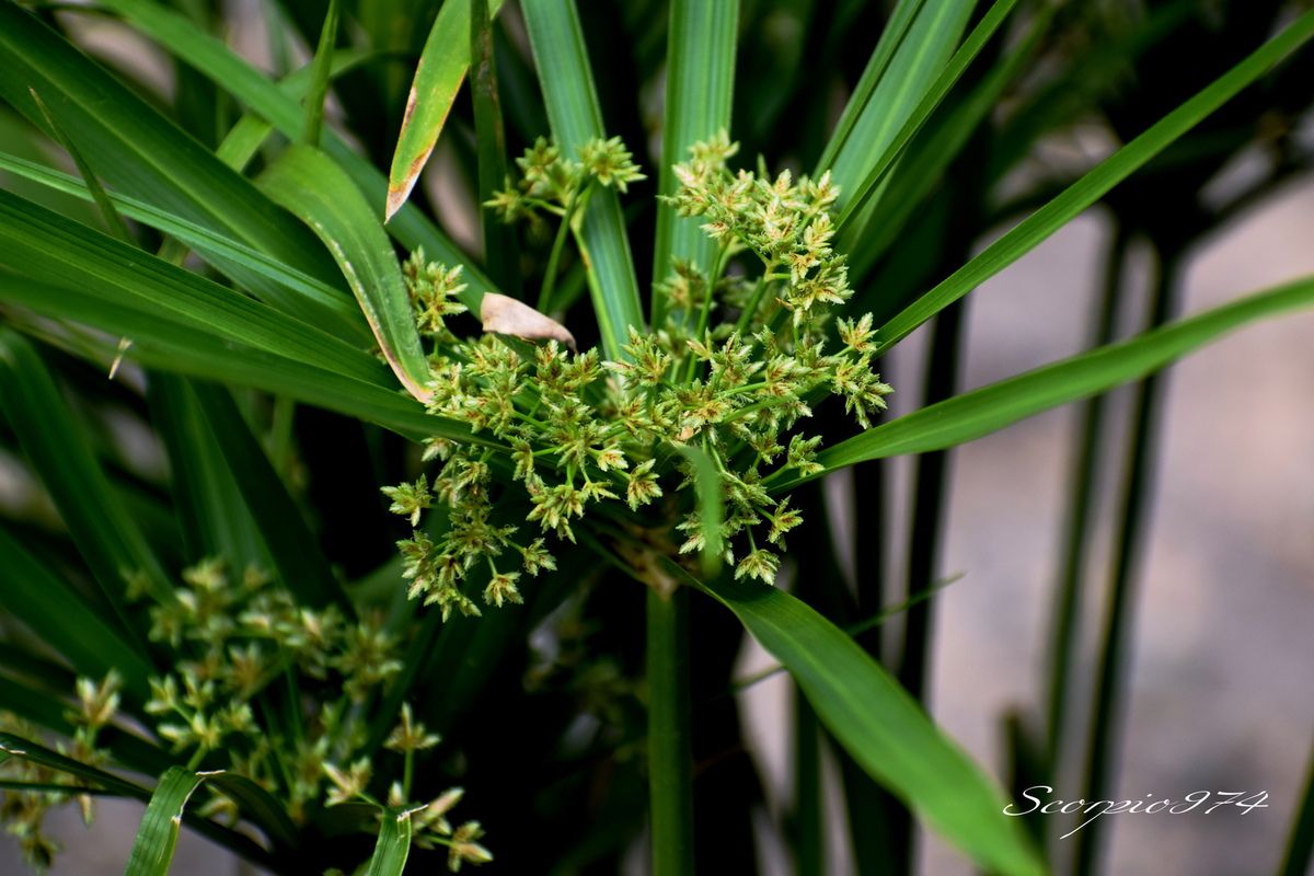 Nature, Nature 974, Nature Réunion, Nature de la Réunion, Nature à la Réunion, flore, flore 974, flore Réunion, flore de la Réunion, flore à la Réunion, fleur, fleur 974, fleur Réunion, fleur de la Réunion, fleur à la Réunion, fleurs, fleurs  974, fleurs de la Réunion, fleurs à la Réunion, fleurs Réunion, fleur blanche, fleur blanche 974, fleur blanche Réunion, fleur blanche de la Réunion, fleur blanche à la Réunion, fleur blanche commune, fleur blanche commune 974, fleur blanche commune Réunion, fleur blanche commune de la Réunion, fleur blanche commune à la Réunion, fleurs communes, fleurs communes 974, fleurs communes Réunion, fleurs communes à la Réunion, fleurs communes de la Réunion, fleurs blanches communes , fleurs blanches communes  974, fleurs blanches communes  Réunion, fleurs blanches communes  de la Réunion, fleurs blanches communes  à la Réunion, espèces florales, espèces florales 974, Réunion, espèces florales de la Réunion, espèces florales à la Réunion, fleurs blanches-verts, fleurs blanches-verts 974, Réunion, fleurs blanches-verts de la Réunion, fleurs blanches-verts à la Réunion, fleurs blanches-verts, fleurs blanches-verts à la Réunion, fleurs blanches-verts  Réunion, fleurs blanches-verts 974, fleurs blanches-verts de la Réunion, flore Réunion, flore Réunion, flore de la Réunion, flore à la Réunion, Espèce florale, Espèce florale 974, Espèce florale Réunion, Espèce florale de la Réunion, Espèce florale  à la Réunion, adventice, adventice 974, adventice  Réunion, adventice  de la Réunion, adventice  à la Réunion, adventices, adventices 974, adventices Réunion, adventices de la Réunion, adventices à la Réunion, mauvaise herbe, mauvaise herbe 974, mauvaise herbe Réunion, mauvaise herbe de la Réunion, mauvaise herbe à la Réunion, mauvaise herbe à fleurs blanches, mauvaise herbe à fleurs blanches 974, mauvaise herbe à fleurs blanches Réunion, mauvaise herbe à fleurs blanches de la Réunion, mauvaise herbe à fleurs blanches à la Réunion, mauvaise herbe à fleur blanche, mauvaise herbe à fleur blanche 974, mauvaise herbe à fleur blanche Réunion, mauvaise herbe à fleur blanche à la Réunion, mauvaise herbe à fleur blanche de la Réunion, mauvaise herbe à fleurs blanches envahissante, mauvaise herbe à fleurs blanches envahissante 974, mauvaise herbe à fleurs blanches envahissante Réunion, mauvaise herbe à fleurs blanches envahissante de la Réunion, mauvaise herbe à fleurs blanches envahissante à la Réunion, adventice à fleur blanche,  adventice à fleur blanche 974, adventice à fleur blanche Réunion,  adventice à fleur blanche de la Réunion,  adventice à fleur blanche à la Réunion,  fleurs blanches-vertes Réunion,  fleurs blanches-vertes de la Réunion,  fleurs blanches-vertes à la Réunion,  fleurs blanches-vertes 974 communs, communs Réunion, communs 974, communs de la Réunion, communs à la Réunion, introduite, introduite 974, introduite Réunion, introduite de la Réunion, introduite à la Réunion, espèce introduite, espèce introduite 974, espèce introduite Réunion, espèce introduite de la Réunion, espèce introduite,  espèce introduite 974,  espèce introduite Réunion,  espèce introduite de la Réunion,  espèce introduite à la Réunion, introduite,  introduite 974,  introduite Réunion,  introduite de la Réunion,  introduite à la Réunion, espèce de fleur,  espèce de fleur 974, espèce de fleur Réunion, espèce de fleur de la Réunion, espèce de fleur à la Réunion, fleur introduite,  fleur introduite Réunion,  fleur introduite de la Réunion,  fleur introduite à la Réunion, espèces florales introduites, espèces florales introduites 974, espèces florales introduites Réunion, espèces florales introduites de la Réunion, espèces florales introduites à la Réunion, espèce invasive, espèce invasive 974, espèce invasive Réunion, espèce invasive de la Réunion, espèce invasive à la Réunion, espèces invasives,  espèces invasives 974, espèces invasives Réunion, espèces invasives de la Réunion, espèces invasives à la Réunion, espèces florales invasives,  espèces florales invasives Réunion,  espèces florales invasives de la Réunion,  espèces florales invasives à la Réunion,   fleur invasive, fleur invasive 974, fleur invasive Réunion, fleur invasive de la Réunion, fleur invasive à la Réunion, flore invasives,  flore invasives 974, flore invasives Réunion, flore invasives de la Réunion, flore invasives à la Réunion, espèce de fleur introduite,  espèce de fleur introduite Réunion,  espèce de fleur introduite de la Réunion,  espèce de fleur introduite à la Réunion,  espèces fleurs introduites,  espèces fleurs introduites 974,  espèces fleurs introduites Réunion,  espèces fleurs introduites de la Réunion,  espèces fleurs introduites à la Réunion,  espèces fleurs invasives, espèces fleurs invasives 974, espèces fleurs invasives Réunion, espèces fleurs invasives de la Réunion, espèces fleurs invasives à la Réunion, fleurs invasives,  fleurs invasives Réunion,  fleurs invasives de la Réunion,  fleurs invasives à la Réunion, espèce de fleurs invasive, espèce de fleurs invasive 974, espèce de fleurs invasive Réunion, espèce de fleurs invasive de la Réunion, fleurs blanches introduites 974, fleurs blanches introduites Réunion, fleurs blanches introduites de la Réunion, fleurs blanches introduites à la Réunion, fleurs blanches envahissant,  fleurs blanches envahissant 974,  fleurs blanches envahissant Réunion,  fleurs blanches envahissant de la Réunion,  fleurs blanches envahissant à la Réunion, fleurs blanches et-verts, fleurs envahissant 974, fleurs envahissant Réunion, fleurs envahissant de la Réunion, fleurs envahissant à la Réunion, fleurs nuisible,  fleurs nuisible 974, fleurs nuisible Réunion, fleurs nuisible de la Réunion, fleurs nuisible à la Réunion, flore magnifique,  flore magnifique Réunion,  flore magnifique de la Réunion,  flore magnifique à la Réunion,  fleurs nuisibles,  fleurs nuisibles 974,  fleurs nuisibles Réunion,  fleurs nuisibles de la Réunion,  fleurs nuisibles à la Réunion, fleurs blanches introduites, fleurs blanches-verts 974, fleurs blanches-verts Réunion, fleurs blanches-verts de la Réunion, fleurs blanches-verts à la Réunion, espèce florales magnifique,  espèce florales magnifique 974, espèce florales magnifique Réunion, espèce florales magnifique de la Réunion, espèce florales magnifique à la Réunion, flore magnifique,  fleur magnifique,  flore magnifique de la Réunion,  flore magnifique à la Réunion, espèce de fleur invasive, espèce de fleur invasive 974, espèce de fleur invasive Réunion, espèce de fleur invasive de la Réunion, fleurs blanches-verts à la Réunion,  espèce de fleurs invasives, espèce de fleurs invasives 974, espèce de fleurs invasives Réunion, espèce de fleurs invasives de la Réunion, espèce de fleurs invasives à la Réunion, fleurs blanches introduites,  fleurs blanches introduites 974, fleurs blanches introduites Réunion, fleurs blanches introduites de la Réunion, fleurs blanches introduites à la Réunion, fleurs blanches invasives,  fleurs blanches invasives Réunion,  fleurs blanches invasives de la Réunion,  fleurs blanches invasives à la Réunion,  fleurs blanches introduits,  fleurs blanches introduits 974,  fleurs blanches introduits Réunion,  fleurs blanches introduits de la Réunion,  fleurs blanches introduits à la Réunion,  espèce de fleurs invasives, espèce de fleurs invasives 974, espèce de fleurs invasives Réunion, espèce de fleurs invasives de la Réunion, espèce de fleurs invasives à la Réunion, fleurs blanches nuisible ,  fleurs blanches nuisible  974, fleurs blanches nuisible  Réunion, fleurs blanches nuisible  de la Réunion, fleurs blanches nuisible  à la Réunion, fleurs blanches invasif,  fleurs blanches invasif Réunion,  fleurs blanches invasif de la Réunion,  fleurs blanches invasif à la Réunion,  fleur blanche et-verts,  fleur blanche et blanche 974,  fleur blanche et blanche Réunion,  fleur blanche et blanche de la Réunion, fleur blanche et blanche à la Réunion,  espèce de fleurs invasives, espèce de fleurs invasives 974, espèce de fleurs invasives Réunion, fleurs blanches, fleurs blanches 974, fleurs blanches Réunion, fleurs blanches de la Réunion,fleurs blanches à la Réunion, espèce envahissante, espèce envahissante 974, espèce envahissante Réunion, espèce envahissante de la Réunion, espèce envahissante à la Réunion, espèces envahissantes, espèces envahissantes 974, espèces envahissantes Réunion, espèces envahissantes de la Réunion, espèces envahissantes à la Réunion, espèces envahissantes de niveau 5 sur 5, espèces envahissantes de niveau 5 sur 5 974, espèces envahissantes de niveau 5 sur 5 Réunion, espèces envahissantes de niveau 5 sur 5 de la Réunion, espèces envahissantes de niveau 5 sur 5 à la Réunion, espèces envahissantes de cinq sur cinq, espèces envahissantes de cinq sur cinq 974, espèces envahissantes de cinq sur cinq Réunion, espèces envahissantes de cinq sur cinq de la Réunion, espèces envahissantes de cinq sur cinq à la Réunion, espèces envahissantes de niveau 5, espèces envahissantes de niveau 5 974, espèces envahissantes de niveau 5 Réunion, espèces envahissantes de niveau 5 de la Réunion, espèces envahissantes de niveau 5 à la Réunion, espèces envahissantes de moyen niveau niveau, espèces envahissantes de moyen niveau niveau 974, espèces envahissantes de moyen niveau niveau Réunion, espèces envahissantes de moyen niveau niveau de la Réunion, espèces envahissantes de moyen niveau niveau à la Réunion, espèces envahissantes cinq, espèces envahissantes cinq 974, espèces envahissantes cinq Réunion, espèces envahissantes cinq de la Réunion, espèces envahissantes cinq à la Réunion, espèce envahissante de niveau 5 sur 5, espèce envahissante de niveau 5 sur 5 974, espèce envahissante de niveau 5 sur 5 Réunion, espèce envahissante de niveau 5 sur 5 de la Réunion, espèce envahissante de niveau 5 sur 5 à la Réunion, espèce envahissante de cinq sur cinq, espèce envahissante de cinq sur cinq 974, espèce envahissante de cinq sur cinq Réunion, espèce envahissante de cinq sur cinq de la Réunion, espèce envahissante de cinq sur cinq à la Réunion, espèce envahissante de niveau 5, espèce envahissante de niveau 5 974, espèce envahissante de niveau 5 Réunion, espèce envahissante de niveau 5 de la Réunion, espèce envahissante de niveau 5 à la Réunion, espèce envahissante de moyen niveau niveau, espèce envahissante de moyen niveau niveau 974, espèce envahissante de moyen niveau niveau Réunion, espèce envahissante de moyen niveau niveau de la Réunion, espèce envahissante de moyen niveau niveau à la Réunion, espèce envahissante cinq, espèce envahissante cinq 974, espèce envahissante cinq Réunion, espèce envahissante cinq de la Réunion, espèce envahissante cinq à la Réunion, espèce florale envahissante de niveau 5 sur 5, espèce florale envahissante de niveau 5 sur 5 974, espèce florale envahissante de niveau 5 sur 5 Réunion, espèce florale envahissante de niveau 5 sur 5 de la Réunion, espèce florale envahissante de niveau 5 sur 5 à la Réunion, espèce florale envahissante de cinq sur cinq, espèce florale envahissante de cinq sur cinq 974, espèce florale envahissante de cinq sur cinq Réunion, espèce florale envahissante de cinq sur cinq de la Réunion, espèce florale envahissante de cinq sur cinq à la Réunion, espèce florale envahissante de niveau 5, espèce florale envahissante de niveau 5 974, espèce florale envahissante de niveau 5 Réunion, espèce florale envahissante de niveau 5 de la Réunion, espèce florale envahissante de niveau 5 à la Réunion, espèce florale envahissante de moyen niveau niveau, espèce florale envahissante de moyen niveau niveau 974, espèce florale envahissante de moyen niveau niveau Réunion, espèce florale envahissante de moyen niveau niveau de la Réunion, espèce florale envahissante de moyen niveau niveau à la Réunion, espèce florale envahissante cinq, espèce florale envahissante cinq 974, espèce florale envahissante cinq Réunion, espèce florale envahissante cinq de la Réunion, espèce florale envahissante cinq à la Réunion, espèces florales envahissantes de niveau 5 sur 5, espèces florales envahissantes de niveau 5 sur 5 974, espèces florales envahissantes de niveau 5 sur 5 Réunion, espèces florales envahissantes de niveau 5 sur 5 de la Réunion, espèces florales envahissantes de niveau 5 sur 5 à la Réunion, espèces florales envahissantes de cinq sur cinq, espèces florales envahissantes de cinq sur cinq 974, espèces florales envahissantes de cinq sur cinq Réunion, espèces florales envahissantes de cinq sur cinq de la Réunion, espèces florales envahissantes de cinq sur cinq à la Réunion, espèces florales envahissantes de niveau 5, espèces florales envahissantes de niveau 5 974, espèces florales envahissantes de niveau 5 Réunion, espèces florales envahissantes de niveau 5 de la Réunion, espèces florales envahissantes de niveau 5 à la Réunion, espèces florales envahissantes de moyen niveau niveau, espèces florales envahissantes de moyen niveau niveau 974, espèces florales envahissantes de moyen niveau niveau Réunion, espèces florales envahissantes de moyen niveau niveau de la Réunion, espèces florales envahissantes de moyen niveau niveau à la Réunion, espèces florales envahissantes cinq, espèces florales envahissantes cinq 974, espèces florales envahissantes cinq Réunion, espèces florales envahissantes cinq de la Réunion, espèces florales envahissantes cinq à la Réunion, espèces florales nuisibles de niveau 5 sur 5, espèces florales nuisibles de niveau 5 sur 5 974, espèces florales nuisibles de niveau 5 sur 5 Réunion, espèces florales nuisibles de niveau 5 sur 5 de la Réunion, espèces florales nuisibles de niveau 5 sur 5 à la Réunion, espèces florales nuisibles de cinq sur cinq, espèces florales nuisibles de cinq sur cinq 974, espèces florales nuisibles de cinq sur cinq Réunion, espèces florales nuisibles de cinq sur cinq de la Réunion, espèces florales nuisibles de cinq sur cinq à la Réunion, espèces florales nuisibles de niveau 5, espèces florales nuisibles de niveau 5 974, espèces florales nuisibles de niveau 5 Réunion, espèces florales nuisibles de niveau 5 de la Réunion, espèces florales nuisibles de niveau 5 à la Réunion, espèces florales aquatiques, espèces florales aquatiques 974, espèces florales aquatiques Réunion, espèces florales aquatiques de la Réunion, espèces florales aquatiques à la Réunion, espèces florales nuisibles cinq, espèces florales nuisibles cinq 974, espèces florales nuisibles cinq Réunion, espèces florales nuisibles cinq de la Réunion, espèces florales nuisibles cinq à la Réunion, espèce florale nuisible de niveau 5 sur 5, espèce florale nuisible de niveau 5 sur 5 974, espèce florale nuisible de niveau 5 sur 5 Réunion, espèce florale nuisible de niveau 5 sur 5 de la Réunion, espèce florale nuisible de niveau 5 sur 5 à la Réunion, espèce florale nuisible de cinq sur cinq, espèce florale nuisible de cinq sur cinq 974, espèce florale nuisible de cinq sur cinq Réunion, espèce florale nuisible de cinq sur cinq de la Réunion, espèce florale nuisible de cinq sur cinq à la Réunion, espèce florale nuisible de niveau 5, espèce florale nuisible de niveau 5 974, espèce florale nuisible de niveau 5 Réunion, espèce florale nuisible de niveau 5 de la Réunion, espèce florale nuisible de niveau 5 à la Réunion, espèce florale nuisible de moyen niveau niveau, espèce florale nuisible de moyen niveau niveau 974, espèce florale nuisible de moyen niveau niveau Réunion, espèce florale nuisible de moyen niveau niveau de la Réunion, espèce florale nuisible de moyen niveau niveau à la Réunion, espèce florale nuisible cinq, espèce florale nuisible cinq 974, espèce florale nuisible cinq Réunion, espèce florale nuisible cinq de la Réunion, espèce florale nuisible cinq à la Réunion, nuisible, nuisible 974, nuisible Réunion, nuisible de la Réunion, nuisible à la Réunion, nuisibles, nuisibles 974, nuisibles Réunion, nuisibles de la Réunion, nuisibles à la Réunion, espèce nuisible, espèce nuisible 974, espèce nuisible Réunion, espèce nuisible de la Réunion, espèce nuisible à la Réunion, espèces nuisibles, espèces nuisibles 974, espèces nuisibles Réunion, espèces nuisibles de la Réunion, espèces nuisibles à la Réunion, espèce aquatique introduites,  espèce aquatique introduites 974, espèce aquatique introduites Réunion, espèce aquatique introduites de la Réunion, espèce aquatique introduites à la Réunion, espèce aquatique invasives,  espèce aquatique invasives Réunion,  espèce aquatique invasives de la Réunion,  espèce aquatique invasives à la Réunion,  espèce aquatique introduits,  espèce aquatique introduits 974,  espèce aquatique introduits Réunion,  espèce aquatique introduits de la Réunion,  espèce aquatique introduits à la Réunion,  espèce de fleurs invasives, espèce de fleurs invasives 974, espèce de fleurs invasives Réunion, espèce de fleurs invasives de la Réunion, espèce de fleurs invasives à la Réunion, espèce aquatique nuisible ,  espèce aquatique nuisible  974, espèce aquatique nuisible  Réunion, espèce aquatique nuisible  de la Réunion, espèce aquatique nuisible  à la Réunion, espèce aquatique invasif,  espèce aquatique invasif Réunion,  espèce aquatique invasif de la Réunion,  espèce aquatique invasif à la Réunion,  fleurs blanches-vertes et-verts,  fleurs blanches-vertes et-verts 974,  fleurs blanches-vertes et-verts Réunion,  fleurs blanches-vertes et-verts de la Réunion, fleurs blanches-vertes et-verts à la Réunion,  espèce de fleurs invasives, espèce de fleurs invasives 974, espèce de fleurs invasives Réunion, espèce aquatique, espèce aquatique 974, espèce aquatique Réunion, espèce aquatique de la Réunion,espèce aquatique à la Réunion,  espèce aquatique introduites 974, espèce aquatique introduites Réunion, espèce aquatique introduites de la Réunion, espèce aquatique introduites à la Réunion, espèce aquatique envahissant,  espèce aquatique envahissant 974,  espèce aquatique envahissant Réunion,  espèce aquatique envahissant de la Réunion,  espèce aquatique envahissant à la Réunion, espèce aquatique, mauvaise herbe à espèce aquatique, mauvaise herbe à espèce aquatique 974, mauvaise herbe à espèce aquatique Réunion, mauvaise herbe à espèce aquatique de la Réunion, mauvaise herbe à espèce aquatique à la Réunion, mauvaise herbe à fleurs blanches-vertes, mauvaise herbe à fleurs blanches-vertes 974, mauvaise herbe à fleurs blanches-vertes Réunion, mauvaise herbe à fleurs blanches-vertes à la Réunion, mauvaise herbe à fleurs blanches-vertes de la Réunion, mauvaise herbe à espèce aquatique envahissante, mauvaise herbe à espèce aquatique envahissante 974, mauvaise herbe à espèce aquatique envahissante Réunion, mauvaise herbe à espèce aquatique envahissante de la Réunion, mauvaise herbe à espèce aquatique envahissante à la Réunion, adventice à fleurs blanches-vertes,  adventice à fleurs blanches-vertes 974,  adventice à fleurs blanches-vertes Réunion,  adventice à fleurs blanches-vertes de la Réunion,  adventice à fleurs blanches-vertes à la Réunion, fleurs blanches-vertes, fleurs blanches-vertes 974, fleurs blanches-vertes Réunion, fleurs blanches-vertes de la Réunion, fleurs blanches-vertes à la Réunion, fleurs blanches-vertes commune, fleurs blanches-vertes commune 974, fleurs blanches-vertes commune Réunion, fleurs blanches-vertes commune de la Réunion, fleurs blanches-vertes commune à la Réunion, fleurs communes, fleurs communes 974, fleurs communes Réunion, fleurs communes à la Réunion, fleurs communes de la Réunion, espèce aquatique communes , espèce aquatique communes  974, espèce aquatique communes  Réunion, espèce aquatique communes  de la Réunion, espèce aquatique communes  à la Réunion, espèces florales, espèces florales 974, Réunion, espèces florales de la Réunion, espèces florales à la Réunion, fleurs blanches-vertes, fleurs blanches-vertes 974,Réunion, fleurs blanches-vertes de la Réunion, fleurs blanches-vertes à la Réunion, fleurs blanches-vertes, fleurs blanches-vertes à la Réunion, fleurs blanches-vertes  Réunion, fleurs blanches-vertes 974, fleurs blanches-vertes de la Réunion, Cyperaceae, Cyperaceae 974,  Cyperaceae Réunion,  Cyperaceae de la Réunion,  Cyperaceae à la Réunion, Poales,  Poales 974,  Poales Réunion,  Poales à la Réunion,  Poales de la Réunion, Cyperus involucratus (Rottb., 1772),  Cyperus involucratus (Rottb., 1772) 974,  Cyperus involucratus (Rottb., 1772) Réunion,  Cyperus involucratus (Rottb., 1772) de la Réunion,  Cyperus involucratus (Rottb., 1772) à la Réunion,  Cyperus involucratus Rottb. 1772,  Cyperus involucratus Rottb. 1772 974,  Cyperus involucratus Rottb. 1772 Réunion,  Cyperus involucratus Rottb. 1772 de la Réunion,  Cyperus involucratus Rottb. 1772 À la Réunion, Cyperus involucratus Rottb.,  Cyperus involucratus Rottb. 974,  Cyperus involucratus Rottb. Réunion,  Cyperus involucratus Rottb. de la Réunion,  Cyperus involucratus Rottb. à la Réunion,  Cyperus involucratus Rottb,  Cyperus involucratus Rottb 974,  Cyperus involucratus Rottb Réunion,  Cyperus involucratus Rottb de la Réunion,  Cyperus involucratus Rottb à la Réunion, Cyperus involucratus,  Cyperus involucratus 974,  Cyperus involucratus Réunion,  Cyperus involucratus de la Réunion,  Cyperus involucratus à la Réunion, Cyperus, Cyperus 974, Cyperus Réunion, Cyperus à la Réunion, Cyperus de la Réunion,  Souchet, Souchet 974, Souchet Réunion, Souchet De la Réunion, Souchet À la Réunion, Cyperus flabelliformis (Rottb., 1773),  Cyperus flabelliformis (Rottb., 1773) 974,  Cyperus flabelliformis (Rottb., 1773) Réunion,  Cyperus flabelliformis (Rottb., 1773) de la Réunion,  Cyperus flabelliformis (Rottb., 1773) à la Réunion,  Cyperus flabelliformis Rottb. 1773,  Cyperus flabelliformis Rottb. 1773 974,  Cyperus flabelliformis Rottb. 1773 Réunion,  Cyperus flabelliformis Rottb. 1773 de la Réunion,  Cyperus flabelliformis Rottb. 1773 À la Réunion, Cyperus flabelliformis Rottb.,  Cyperus flabelliformis Rottb. 974,  Cyperus flabelliformis Rottb. Réunion,  Cyperus flabelliformis Rottb. de la Réunion,  Cyperus flabelliformis Rottb. à la Réunion,  Cyperus flabelliformis Rottb,  Cyperus flabelliformis Rottb 974,  Cyperus flabelliformis Rottb Réunion,  Cyperus flabelliformis Rottb de la Réunion,  Cyperus flabelliformis Rottb à la Réunion, Cyperus flabelliformis,  Cyperus flabelliformis 974,  Cyperus flabelliformis Réunion,  Cyperus flabelliformis de la Réunion,  Cyperus flabelliformis à la Réunion, Papyrus, Papyrus 974, Papyrus Réunion, Papyrus De la Réunion, Papyrus À la Réunion, Cyperus alternifolius sensu (Duss., 1897),  Cyperus alternifolius sensu (Duss., 1897) 974,  Cyperus alternifolius sensu (Duss., 1897) Réunion,  Cyperus alternifolius sensu (Duss., 1897) de la Réunion,  Cyperus alternifolius sensu (Duss., 1897) à la Réunion,  Cyperus alternifolius sensu Duss. 1897,  Cyperus alternifolius sensu Duss. 1897 974,  Cyperus alternifolius sensu Duss. 1897 Réunion,  Cyperus alternifolius sensu Duss. 1897 de la Réunion,  Cyperus alternifolius sensu Duss. 1897 À la Réunion, Cyperus alternifolius sensu Duss.,  Cyperus alternifolius sensu Duss. 974,  Cyperus alternifolius sensu Duss. Réunion,  Cyperus alternifolius sensu Duss. de la Réunion,  Cyperus alternifolius sensu Duss. à la Réunion,  Cyperus alternifolius sensu Duss,  Cyperus alternifolius sensu Duss 974,  Cyperus alternifolius sensu Duss Réunion,  Cyperus alternifolius sensu Duss de la Réunion,  Cyperus alternifolius sensu Duss à la Réunion, Cyperus alternifolius sensu,  Cyperus alternifolius sensu 974,  Cyperus alternifolius sensu Réunion,  Cyperus alternifolius sensu de la Réunion,  Cyperus alternifolius sensu à la Réunion, Cyperus alternifolius,  Cyperus alternifolius 974,  Cyperus alternifolius Réunion,  Cyperus alternifolius de la Réunion,  Cyperus alternifolius à la Réunion,  Cyperus alternifolius hort.,  Cyperus alternifolius hort. 974,  Cyperus alternifolius hort. Réunion,  Cyperus alternifolius hort. de la Réunion,  Cyperus alternifolius hort. À la Réunion, Cyperus alternifolius hort,  Cyperus alternifolius hort 974,  Cyperus alternifolius hort Réunion,  Cyperus alternifolius hort de la Réunion,  Cyperus alternifolius hort à la Réunion, Cyperus alternifolius subsp. flabelliformis (Rottb.) (Kük., 1936),  Cyperus alternifolius subsp. flabelliformis (Rottb.) (Kük., 1936) 974,  Cyperus alternifolius subsp. flabelliformis (Rottb.) (Kük., 1936) Réunion,  Cyperus alternifolius subsp. flabelliformis (Rottb.) (Kük., 1936) de la Réunion,  Cyperus alternifolius subsp. flabelliformis (Rottb.) (Kük., 1936) à la Réunion,  Cyperus alternifolius subsp. flabelliformis (Rottb.) Kük. 1936,  Cyperus alternifolius subsp. flabelliformis (Rottb.) Kük. 1936 974,  Cyperus alternifolius subsp. flabelliformis (Rottb.) Kük. 1936 Réunion,  Cyperus alternifolius subsp. flabelliformis (Rottb.) Kük. 1936 de la Réunion,  Cyperus alternifolius subsp. flabelliformis (Rottb.) Kük. 1936 À la Réunion, Cyperus alternifolius subsp. flabelliformis (Rottb.) Kük.,  Cyperus alternifolius subsp. flabelliformis (Rottb.) Kük. 974,  Cyperus alternifolius subsp. flabelliformis (Rottb.) Kük. Réunion,  Cyperus alternifolius subsp. flabelliformis (Rottb.) Kük. de la Réunion,  Cyperus alternifolius subsp. flabelliformis (Rottb.) Kük. à la Réunion,  Cyperus alternifolius subsp. flabelliformis (Rottb.) Kük,  Cyperus alternifolius subsp. flabelliformis (Rottb.) Kük 974,  Cyperus alternifolius subsp. flabelliformis (Rottb.) Kük Réunion,  Cyperus alternifolius subsp. flabelliformis (Rottb.) Kük de la Réunion,  Cyperus alternifolius subsp. flabelliformis (Rottb.) Kük à la Réunion, Cyperus alternifolius subsp. flabelliformis (Rottb.),  Cyperus alternifolius subsp. flabelliformis (Rottb.) 974,  Cyperus alternifolius subsp. flabelliformis (Rottb.) Réunion,  Cyperus alternifolius subsp. flabelliformis (Rottb.) de la Réunion,  Cyperus alternifolius subsp. flabelliformis Rottb.,  Cyperus alternifolius subsp. flabelliformis Rottb. 974,  Cyperus alternifolius subsp. flabelliformis Rottb. Réunion,  Cyperus alternifolius subsp. flabelliformis Rottb. de la Réunion,  Cyperus alternifolius subsp. flabelliformis Rottb. à la Réunion,  Cyperus alternifolius subsp. flabelliformis Rottb,  Cyperus alternifolius subsp. flabelliformis Rottb 974,  Cyperus alternifolius subsp. flabelliformis Rottb Réunion,  Cyperus alternifolius subsp. flabelliformis Rottb de la Réunion,  Cyperus alternifolius subsp. flabelliformis Rottb À la Réunion, Cyperus alternifolius subsp. flabelliformis,  Cyperus alternifolius subsp. flabelliformis 974,  Cyperus alternifolius subsp. flabelliformis Réunion,  Cyperus alternifolius subsp. flabelliformis de la Réunion,  Cyperus alternifolius subsp. flabelliformis à la Réunion,  Cyperus alternifolius subsp.,  Cyperus alternifolius subsp. 974,  Cyperus alternifolius subsp. Réunion,  Cyperus alternifolius subsp. de la Réunion,  Cyperus alternifolius subsp. à la Réunion, Cyperus alternifolius subsp,  Cyperus alternifolius subsp 974,  Cyperus alternifolius subsp Réunion,  Cyperus alternifolius subsp de la Réunion,  Cyperus alternifolius subsp à la Réunion,