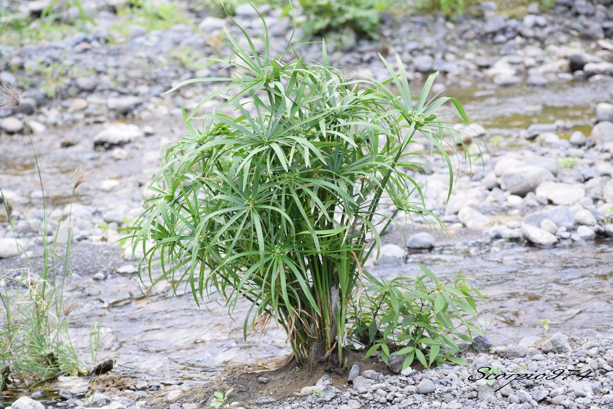 Le Souchet (Cyperus involucratus (Rottb., 1772)).