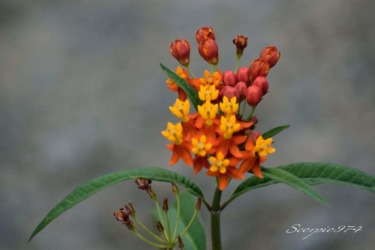 Nature, Nature 974, Nature de la Réunion, Nature à la Réunion, Flore, Flore 974, Flore Réunion, Flore de la Réunion, Flore à la Réunion, Flore indigène, Flore indigène 974, Flore indigène Réunion, Flore indigène de la Réunion, Flore indigène à la Réunion, Fleur, Fleur 974,  Fleur Réunion, Fleur de la Réunion, fleur à la Réunion, fleurs, fleurs 974, fleurs Réunion, fleurs de la Réunion, fleurs à la Réunion, fleur jaune, fleur jaune 974,  fleur jaune Réunion, fleur jaune de la Réunion, fleur jaune à la Réunion, fleur orangée, fleur orangée 974,  fleur orangée Réunion, fleur orangée de la Réunion, fleur orangée à la Réunion, fleur rouge, fleur rouge 974,  fleur rouge Réunion, fleur rouge de la Réunion, fleur rouge à la Réunion, fleur jaune et rouge, fleur jaune et rouge 974,  fleur jaune et rouge Réunion, fleur jaune et rouge de la Réunion, fleur jaune et rouge à la Réunion, fleur orangée et rouge, fleur orangée et rouge 974,  fleur orangée et rouge Réunion, fleur orangée et rouge de la Réunion, fleur orangée et rouge à la Réunion, fleur jaune et orangée, fleur jaune et orangée 974,  fleur jaune et orangée Réunion, fleur jaune et orangée de la Réunion, fleur jaune et orangée à la Réunion, espèce florale, espèce florale 974,  espèce florale Réunion, espèce florale de la Réunion, espèce florale à la Réunion,espèce florale jaune, espèce florale jaune 974,  espèce florale jaune Réunion, espèce florale jaune de la Réunion, espèce florale jaune à la Réunion, espèce florale orangée, espèce florale orangée 974,  espèce florale orangée Réunion, espèce florale orangée de la Réunion, espèce florale orangée à la Réunion, espèce florale rouge, espèce florale rouge 974,  espèce florale rouge Réunion, espèce florale rouge de la Réunion, espèce florale rouge à la Réunion, espèce florale jaune et rouge, espèce florale jaune et rouge 974,  espèce florale jaune et rouge Réunion, espèce florale jaune et rouge de la Réunion, espèce florale jaune et rouge à la Réunion, espèce florale orangée et rouge, espèce florale orangée et rouge 974,  espèce florale orangée et rouge Réunion, espèce florale orangée et rouge de la Réunion, espèce florale orangée et rouge à la Réunion, espèce florale jaune et orangée, espèce florale jaune et orangée 974,  espèce florale jaune et orangée Réunion, espèce florale jaune et orangée de la Réunion, espèce florale jaune et orangée à la Réunion, petite fleur, petite fleur 974,  petite fleur Réunion, petite fleur de la Réunion, petite fleur à la Réunion,petite fleur jaune, petite fleur jaune 974,  petite fleur jaune Réunion, petite fleur jaune de la Réunion, petite fleur jaune à la Réunion, petite fleur orangée, petite fleur orangée 974,  petite fleur orangée Réunion, petite fleur orangée de la Réunion, petite fleur orangée à la Réunion, petite fleur rouge, petite fleur rouge 974,  petite fleur rouge Réunion, petite fleur rouge de la Réunion, petite fleur rouge à la Réunion, petite fleur jaune et rouge, petite fleur jaune et rouge 974,  petite fleur jaune et rouge Réunion, petite fleur jaune et rouge de la Réunion, petite fleur jaune et rouge à la Réunion, petite fleur orangée et rouge, petite fleur orangée et rouge 974,  petite fleur orangée et rouge Réunion, petite fleur orangée et rouge de la Réunion, petite fleur orangée et rouge à la Réunion, petite fleur jaune et orangée, petite fleur jaune et orangée 974,  petite fleur jaune et orangée Réunion, petite fleur jaune et orangée de la Réunion, petite fleur jaune et orangée à la Réunion, fleurs jaunes, fleurs jaunes 974,  fleurs jaunes Réunion, fleurs jaunes de la Réunion, fleurs jaunes à la Réunion, fleurs orangées, fleurs orangées 974,  fleurs orangées Réunion, fleurs orangées de la Réunion, fleurs orangées à la Réunion, fleurs rouges, fleurs rouges 974,  fleurs rouges Réunion, fleurs rouges de la Réunion, fleurs rouges à la Réunion, fleurs jaunes et rouges, fleurs jaunes et rouges 974,  fleurs jaunes et rouges Réunion, fleurs jaunes et rouges de la Réunion, fleurs jaunes et rouges à la Réunion, fleurs orangées et rouges, fleurs orangées et rouges 974,  fleurs orangées et rouges Réunion, fleurs orangées et rouges de la Réunion, fleurs orangées et rouges à la Réunion, fleurs jaunes et orangées, fleurs jaunes et orangées 974,  fleurs jaunes et orangées Réunion, fleurs jaunes et orangées de la Réunion, fleurs jaunes et orangées à la Réunion, espèces florales, espèces florales 974,  espèces florales Réunion, espèces florales de la Réunion, espèces florales à la Réunion,espèces florales jaunes, espèces florales jaunes 974,  espèces florales jaunes Réunion, espèces florales jaunes de la Réunion, espèces florales jaunes à la Réunion, espèces florales orangées, espèces florales orangées 974,  espèces florales orangées Réunion, espèces florales orangées de la Réunion, espèces florales orangées à la Réunion, espèces florales rouges, espèces florales rouges 974,  espèces florales rouges Réunion, espèces florales rouges de la Réunion, espèces florales rouges à la Réunion, espèces florales jaunes et rouges, espèces florales jaunes et rouges 974,  espèces florales jaunes et rouges Réunion, espèces florales jaunes et rouges de la Réunion, espèces florales jaunes et rouges à la Réunion, espèces florales orangées et rouges, espèces florales orangées et rouges 974,  espèces florales orangées et rouges Réunion, espèces florales orangées et rouges de la Réunion, espèces florales orangées et rouges à la Réunion, espèces florales jaunes et orangées, espèces florales jaunes et orangées 974,  espèces florales jaunes et orangées Réunion, espèces florales jaunes et orangées de la Réunion, espèces florales jaunes et orangées à la Réunion, petites fleurs, petites fleurs 974,  petites fleurs Réunion, petites fleurs de la Réunion, petites fleurs à la Réunion,petites fleurs jaunes, petites fleurs jaunes 974,  petites fleurs jaunes Réunion, petites fleurs jaunes de la Réunion, petites fleurs jaunes à la Réunion, petites fleurs orangées, petites fleurs orangées 974,  petites fleurs orangées Réunion, petites fleurs orangées de la Réunion, petites fleurs orangées à la Réunion, petites fleurs rouges, petites fleurs rouges 974,  petites fleurs rouges Réunion, petites fleurs rouges de la Réunion, petites fleurs rouges à la Réunion, petites fleurs jaunes et rouges, petites fleurs jaunes et rouges 974,  petites fleurs jaunes et rouges Réunion, petites fleurs jaunes et rouges de la Réunion, petites fleurs jaunes et rouges à la Réunion, petites fleurs orangées et rouges, petites fleurs orangées et rouges 974,  petites fleurs orangées et rouges Réunion, petites fleurs orangées et rouges de la Réunion, petites fleurs orangées et rouges à la Réunion, petites fleurs jaunes et orangées, petites fleurs jaunes et orangées 974,  petites fleurs jaunes et orangées Réunion, petites fleurs jaunes et orangées de la Réunion, petites fleurs jaunes et orangées à la Réunion, Toxique, toxique 974, toxique Réunion, toxique de la Réunion, toxique à la Réunion, espèce toxique, espèce toxique 974, espèce toxique Réunion, espèce toxique de la Réunion, espèce toxique à la Réunion, espèce florale toxique, espèce florale toxique 974, espèce florale toxique Réunion, espèce florale toxique Réunion, espèce florale toxique de la Réunion, espèce florale toxique à la Réunion, fleur jaune toxique, fleur jaune toxique 974,  fleur jaune toxique Réunion, fleur jaune toxique de la Réunion, fleur jaune toxique à la Réunion, fleur orangée toxique, fleur orangée toxique 974,  fleur orangée toxique Réunion, fleur orangée toxique de la Réunion, fleur orangée toxique à la Réunion, fleur rouge toxique, fleur rouge toxique 974,  fleur rouge toxique Réunion, fleur rouge toxique de la Réunion, fleur rouge toxique à la Réunion, fleur jaune et rouge toxique, fleur jaune et rouge toxique 974,  fleur jaune et rouge toxique Réunion, fleur jaune et rouge toxique de la Réunion, fleur jaune et rouge toxique à la Réunion, fleur orangée  rouge toxique, fleur orangée  rouge toxique 974,  fleur orangée  rouge toxique Réunion, fleur orangée  rouge toxique de la Réunion, fleur orangée  rouge toxique à la Réunion, fleur jaune et orangée toxique, fleur jaune et orangée toxique 974,  fleur jaune et orangée toxique Réunion, fleur jaune et orangée toxique de la Réunion, fleur jaune et orangée toxique à la Réunion, espèce florale, espèce florale 974,  espèce florale Réunion, espèce florale de la Réunion, espèce florale à la Réunion,espèce florale jaune, espèce florale jaune 974,  espèce florale jaune Réunion, espèce florale jaune de la Réunion, espèce florale jaune à la Réunion, espèce florale orangée toxique, espèce florale orangée toxique 974,  espèce florale orangée toxique Réunion, espèce florale orangée toxique de la Réunion, espèce florale orangée toxique à la Réunion, espèce florale rouge toxique, espèce florale rouge toxique 974,  espèce florale rouge toxique Réunion, espèce florale rouge toxique de la Réunion, espèce florale rouge toxique à la Réunion, espèce florale jaune et rouge toxique, espèce florale jaune et rouge toxique 974,  espèce florale jaune et rouge toxique Réunion, espèce florale jaune et rouge toxique de la Réunion, espèce florale jaune et rouge toxique à la Réunion, espèce florale orangée  rouge toxique, espèce florale orangée  rouge toxique 974,  espèce florale orangée  rouge toxique Réunion, espèce florale orangée  rouge toxique de la Réunion, espèce florale orangée  rouge toxique à la Réunion, espèce florale jaune et orangée toxique, espèce florale jaune et orangée toxique 974,  espèce florale jaune et orangée toxique Réunion, espèce florale jaune et orangée toxique de la Réunion, espèce florale jaune et orangée toxique à la Réunion, petite fleur, petite fleur 974,  petite fleur Réunion, petite fleur de la Réunion, petite fleur à la Réunion,petite fleur jaune, petite fleur jaune 974,  petite fleur jaune Réunion, petite fleur jaune de la Réunion, petite fleur jaune à la Réunion, petite fleur orangée toxique, petite fleur orangée toxique 974,  petite fleur orangée toxique Réunion, petite fleur orangée toxique de la Réunion, petite fleur orangée toxique à la Réunion, petite fleur rouge toxique, petite fleur rouge toxique 974,  petite fleur rouge toxique Réunion, petite fleur rouge toxique de la Réunion, petite fleur rouge toxique à la Réunion, petite fleur jaune et rouge toxique, petite fleur jaune et rouge toxique 974,  petite fleur jaune et rouge toxique Réunion, petite fleur jaune et rouge toxique de la Réunion, petite fleur jaune et rouge toxique à la Réunion, petite fleur orangée  rouge toxique, petite fleur orangée  rouge toxique 974,  petite fleur orangée  rouge toxique Réunion, petite fleur orangée  rouge toxique de la Réunion, petite fleur orangée  rouge toxique à la Réunion, petite fleur jaune et orangée toxique, petite fleur jaune et orangée toxique 974,  petite fleur jaune et orangée toxique Réunion, petite fleur jaune et orangée toxique de la Réunion, petite fleur jaune et orangée toxique à la Réunion, toxiques, toxiques 974, toxiques Réunion, toxiques de la Réunion, toxiques à la Réunion, espèces toxiques, espèces toxiques 974, espèces toxiques Réunion, espèces toxiques de la Réunion, espèces toxiques à la Réunion, espèces florales toxiques, espèces florales toxiques 974, espèces florales toxiques Réunion, espèces florales toxiques Réunion, espèces florales toxiques de la Réunion, espèces florales toxiques à la Réunion, fleurs jaunes toxiques, fleurs jaunes toxiques 974, fleurs jaunes toxiques Réunion, fleurs jaunes toxiques de la Réunion, fleurs jaunes toxiques à la Réunion, fleurs orangées toxiques, fleurs orangées toxiques 974, fleurs orangées toxiques Réunion, fleurs orangées toxiques de la Réunion, fleurs orangées toxiques à la Réunion, fleurs rouges toxiques, fleurs rouges toxiques 974, fleurs rouges toxiques Réunion, fleurs rouges toxiques de la Réunion, fleurs rouges toxiques à la Réunion, fleurs jaunes et rouges toxiques, fleurs jaunes et rouges toxiques 974, fleurs jaunes et rouges toxiques Réunion, fleurs jaunes et rouges toxiques de la Réunion, fleurs jaunes et rouges toxiques à la Réunion, fleurs orangées rouges toxiques, fleurs orangées rouges toxiques 974, fleurs orangées rouges toxiques Réunion, fleurs orangées rouges toxiques de la Réunion, fleurs orangées rouges toxiques à la Réunion, fleurs jaunes et orangées toxiques, fleurs jaunes et orangées toxiques 974, fleurs jaunes et orangées toxiques Réunion, fleurs jaunes et orangées toxiques de la Réunion, fleurs jaunes et orangées toxiques à la Réunion, espèces florales, espèces florales 974, espèces florales Réunion, espèces florales de la Réunion, espèces florales à la Réunion,espèces florales jaunes, espèces florales jaunes 974, espèces florales jaunes Réunion, espèces florales jaunes de la Réunion, espèces florales jaunes à la Réunion, espèces florales orangées toxiques, espèces florales orangées toxiques 974, espèces florales orangées toxiques Réunion, espèces florales orangées toxiques de la Réunion, espèces florales orangées toxiques à la Réunion, espèces florales rouges toxiques, espèces florales rouges toxiques 974, espèces florales rouges toxiques Réunion, espèces florales rouges toxiques de la Réunion, espèces florales rouges toxiques à la Réunion, espèces florales jaunes et rouges toxiques, espèces florales jaunes et rouges toxiques 974, espèces florales jaunes et rouges toxiques Réunion, espèces florales jaunes et rouges toxiques de la Réunion, espèces florales jaunes et rouges toxiques à la Réunion, espèces florales orangées rouges toxiques, espèces florales orangées rouges toxiques 974, espèces florales orangées rouges toxiques Réunion, espèces florales orangées rouges toxiques de la Réunion, espèces florales orangées rouges toxiques à la Réunion, espèces florales jaunes et orangées toxiques, espèces florales jaunes et orangées toxiques 974, espèces florales jaunes et orangées toxiques Réunion, espèces florales jaunes et orangées toxiques de la Réunion, espèces florales jaunes et orangées toxiques à la Réunion, petites fleurs, petites fleurs 974, petites fleurs Réunion, petites fleurs de la Réunion, petites fleurs à la Réunion,petites fleurs jaunes, petites fleurs jaunes 974, petites fleurs jaunes Réunion, petites fleurs jaunes de la Réunion, petites fleurs jaunes à la Réunion, petites fleurs orangées toxiques, petites fleurs orangées toxiques 974, petites fleurs orangées toxiques Réunion, petites fleurs orangées toxiques de la Réunion, petites fleurs orangées toxiques à la Réunion, petites fleurs rouges toxiques, petites fleurs rouges toxiques 974, petites fleurs rouges toxiques Réunion, petites fleurs rouges toxiques de la Réunion, petites fleurs rouges toxiques à la Réunion, petites fleurs jaunes et rouges toxiques, petites fleurs jaunes et rouges toxiques 974, petites fleurs jaunes et rouges toxiques Réunion, petites fleurs jaunes et rouges toxiques de la Réunion, petites fleurs jaunes et rouges toxiques à la Réunion, petites fleurs orangées rouges toxiques, petites fleurs orangées rouges toxiques 974, petites fleurs orangées rouges toxiques Réunion, petites fleurs orangées rouges toxiques de la Réunion, petites fleurs orangées rouges toxiques à la Réunion, petites fleurs jaunes et orangées toxiques, petites fleurs jaunes et orangées toxiques 974, petites fleurs jaunes et orangées toxiques Réunion, petites fleurs jaunes et orangées toxiques de la Réunion, petites fleurs jaunes et orangées toxiques à la Réunion, potentiellement envahissantes, potentiellement envahissantes 974, potentiellement envahissantes Réunion, potentiellement envahissantes de la Réunion, potentiellement envahissantes à la Réunion, espèces potentiellement envahissantes, espèces potentiellement envahissantes 974, espèces potentiellement envahissantes Réunion, espèces potentiellement envahissantes de la Réunion, espèces potentiellement envahissantes à la Réunion, espèces florales potentiellement envahissantes, espèces florales potentiellement envahissantes 974, espèces florales potentiellement envahissantes Réunion, espèces florales potentiellement envahissantes Réunion, espèces florales potentiellement envahissantes de la Réunion, espèces florales potentiellement envahissantes à la Réunion, fleurs jaunes potentiellement envahissantes, fleurs jaunes potentiellement envahissantes 974, fleurs jaunes potentiellement envahissantes Réunion, fleurs jaunes potentiellement envahissantes de la Réunion, fleurs jaunes potentiellement envahissantes à la Réunion, fleurs orangées potentiellement envahissantes, fleurs orangées potentiellement envahissantes 974, fleurs orangées potentiellement envahissantes Réunion, fleurs orangées potentiellement envahissantes de la Réunion, fleurs orangées potentiellement envahissantes à la Réunion, fleurs rouges potentiellement envahissantes, fleurs rouges potentiellement envahissantes 974, fleurs rouges potentiellement envahissantes Réunion, fleurs rouges potentiellement envahissantes de la Réunion, fleurs rouges potentiellement envahissantes à la Réunion, fleurs jaunes et rouges potentiellement envahissantes, fleurs jaunes et rouges potentiellement envahissantes 974, fleurs jaunes et rouges potentiellement envahissantes Réunion, fleurs jaunes et rouges potentiellement envahissantes de la Réunion, fleurs jaunes et rouges potentiellement envahissantes à la Réunion, fleurs orangées rouges potentiellement envahissantes, fleurs orangées rouges potentiellement envahissantes 974, fleurs orangées rouges potentiellement envahissantes Réunion, fleurs orangées rouges potentiellement envahissantes de la Réunion, fleurs orangées rouges potentiellement envahissantes à la Réunion, fleurs jaunes et orangées potentiellement envahissantes, fleurs jaunes et orangées potentiellement envahissantes 974, fleurs jaunes et orangées potentiellement envahissantes Réunion, fleurs jaunes et orangées potentiellement envahissantes de la Réunion, fleurs jaunes et orangées potentiellement envahissantes à la Réunion, espèces florales, espèces florales 974, espèces florales Réunion, espèces florales de la Réunion, espèces florales à la Réunion,espèces florales jaunes, espèces florales jaunes 974, espèces florales jaunes Réunion, espèces florales jaunes de la Réunion, espèces florales jaunes à la Réunion, espèces florales orangées potentiellement envahissantes, espèces florales orangées potentiellement envahissantes 974, espèces florales orangées potentiellement envahissantes Réunion, espèces florales orangées potentiellement envahissantes de la Réunion, espèces florales orangées potentiellement envahissantes à la Réunion, espèces florales rouges potentiellement envahissantes, espèces florales rouges potentiellement envahissantes 974, espèces florales rouges potentiellement envahissantes Réunion, espèces florales rouges potentiellement envahissantes de la Réunion, espèces florales rouges potentiellement envahissantes à la Réunion, espèces florales jaunes et rouges potentiellement envahissantes, espèces florales jaunes et rouges potentiellement envahissantes 974, espèces florales jaunes et rouges potentiellement envahissantes Réunion, espèces florales jaunes et rouges potentiellement envahissantes de la Réunion, espèces florales jaunes et rouges potentiellement envahissantes à la Réunion, espèces florales orangées rouges potentiellement envahissantes, espèces florales orangées rouges potentiellement envahissantes 974, espèces florales orangées rouges potentiellement envahissantes Réunion, espèces florales orangées rouges potentiellement envahissantes de la Réunion, espèces florales orangées rouges potentiellement envahissantes à la Réunion, espèces florales jaunes et orangées potentiellement envahissantes, espèces florales jaunes et orangées potentiellement envahissantes 974, espèces florales jaunes et orangées potentiellement envahissantes Réunion, espèces florales jaunes et orangées potentiellement envahissantes de la Réunion, espèces florales jaunes et orangées potentiellement envahissantes à la Réunion, petites fleurs, petites fleurs 974, petites fleurs Réunion, petites fleurs de la Réunion, petites fleurs à la Réunion,petites fleurs jaunes, petites fleurs jaunes 974, petites fleurs jaunes Réunion, petites fleurs jaunes de la Réunion, petites fleurs jaunes à la Réunion, petites fleurs orangées potentiellement envahissantes, petites fleurs orangées potentiellement envahissantes 974, petites fleurs orangées potentiellement envahissantes Réunion, petites fleurs orangées potentiellement envahissantes de la Réunion, petites fleurs orangées potentiellement envahissantes à la Réunion, petites fleurs rouges potentiellement envahissantes, petites fleurs rouges potentiellement envahissantes 974, petites fleurs rouges potentiellement envahissantes Réunion, petites fleurs rouges potentiellement envahissantes de la Réunion, petites fleurs rouges potentiellement envahissantes à la Réunion, petites fleurs jaunes et rouges potentiellement envahissantes, petites fleurs jaunes et rouges potentiellement envahissantes 974, petites fleurs jaunes et rouges potentiellement envahissantes Réunion, petites fleurs jaunes et rouges potentiellement envahissantes de la Réunion, petites fleurs jaunes et rouges potentiellement envahissantes à la Réunion, petites fleurs orangées rouges potentiellement envahissantes, petites fleurs orangées rouges potentiellement envahissantes 974, petites fleurs orangées rouges potentiellement envahissantes Réunion, petites fleurs orangées rouges potentiellement envahissantes de la Réunion, petites fleurs orangées rouges potentiellement envahissantes à la Réunion, petites fleurs jaunes et orangées potentiellement envahissantes, petites fleurs jaunes et orangées potentiellement envahissantes 974, petites fleurs jaunes et orangées potentiellement envahissantes Réunion, petites fleurs jaunes et orangées potentiellement envahissantes de la Réunion, petites fleurs jaunes et orangées potentiellement envahissantes à la Réunion, potentiellement envahissantes et toxiques, potentiellement envahissantes et toxiques 974, potentiellement envahissantes et toxiques Réunion, potentiellement envahissantes et toxiques de la Réunion, potentiellement envahissantes et toxiques à la Réunion, espèces potentiellement envahissantes et toxiques, espèces potentiellement envahissantes et toxiques 974, espèces potentiellement envahissantes et toxiques Réunion, espèces potentiellement envahissantes et toxiques de la Réunion, espèces potentiellement envahissantes et toxiques à la Réunion, espèces florales potentiellement envahissantes et toxiques, espèces florales potentiellement envahissantes et toxiques 974, espèces florales potentiellement envahissantes et toxiques Réunion, espèces florales potentiellement envahissantes et toxiques Réunion, espèces florales potentiellement envahissantes et toxiques de la Réunion, espèces florales potentiellement envahissantes et toxiques à la Réunion, fleurs jaunes potentiellement envahissantes et toxiques, fleurs jaunes potentiellement envahissantes et toxiques 974, fleurs jaunes potentiellement envahissantes et toxiques Réunion, fleurs jaunes potentiellement envahissantes et toxiques de la Réunion, fleurs jaunes potentiellement envahissantes et toxiques à la Réunion, fleurs orangées potentiellement envahissantes et toxiques, fleurs orangées potentiellement envahissantes et toxiques 974, fleurs orangées potentiellement envahissantes et toxiques Réunion, fleurs orangées potentiellement envahissantes et toxiques de la Réunion, fleurs orangées potentiellement envahissantes et toxiques à la Réunion, fleurs rouges potentiellement envahissantes et toxiques, fleurs rouges potentiellement envahissantes et toxiques 974, fleurs rouges potentiellement envahissantes et toxiques Réunion, fleurs rouges potentiellement envahissantes et toxiques de la Réunion, fleurs rouges potentiellement envahissantes et toxiques à la Réunion, fleurs jaunes et rouges potentiellement envahissantes et toxiques, fleurs jaunes et rouges potentiellement envahissantes et toxiques 974, fleurs jaunes et rouges potentiellement envahissantes et toxiques Réunion, fleurs jaunes et rouges potentiellement envahissantes et toxiques de la Réunion, fleurs jaunes et rouges potentiellement envahissantes et toxiques à la Réunion, fleurs orangées rouges potentiellement envahissantes et toxiques, fleurs orangées rouges potentiellement envahissantes et toxiques 974, fleurs orangées rouges potentiellement envahissantes et toxiques Réunion, fleurs orangées rouges potentiellement envahissantes et toxiques de la Réunion, fleurs orangées rouges potentiellement envahissantes et toxiques à la Réunion, fleurs jaunes et orangées potentiellement envahissantes et toxiques, fleurs jaunes et orangées potentiellement envahissantes et toxiques 974, fleurs jaunes et orangées potentiellement envahissantes et toxiques Réunion, fleurs jaunes et orangées potentiellement envahissantes et toxiques de la Réunion, fleurs jaunes et orangées potentiellement envahissantes et toxiques à la Réunion, espèces florales, espèces florales 974, espèces florales Réunion, espèces florales de la Réunion, espèces florales à la Réunion,espèces florales jaunes, espèces florales jaunes 974, espèces florales jaunes Réunion, espèces florales jaunes de la Réunion, espèces florales jaunes à la Réunion,, petite fleur orangée rouges adventice potentiellement envahissante et toxique, petite fleur orangée rouges adventice potentiellement envahissante et toxique 974, petite fleur orangée rouges adventice potentiellement envahissante et toxique Réunion, petite fleur orangée rouges adventice potentiellement envahissante et toxique de la Réunion, petite fleur orangée rouges adventice potentiellement envahissante et toxique à la Réunion, petite fleur jaune et orangée  adventice potentiellement envahissante et toxique, petite fleur jaune et orangée  adventice potentiellement envahissante et toxique 974, petite fleur jaune et orangée  adventice potentiellement envahissante et toxique Réunion, petite fleur jaune et orangée  adventice potentiellement envahissante et toxique de la Réunion, petite fleur jaune et orangée  adventice potentiellement envahissante et toxique à la Réunion, fleur rouge, fleur rouge écarlate 974,  fleur rouge écarlate Réunion, fleur rouge écarlate de la Réunion, fleur rouge écarlate à la Réunion, fleur jaune et rouge, fleur jaune et rouge écarlate 974,  fleur jaune et rouge écarlate Réunion, fleur jaune et rouge écarlate de la Réunion, fleur jaune et rouge écarlate à la Réunion, fleur orangée et rouge, fleur orangée et rouge écarlate 974,  fleur orangée et rouge écarlate Réunion, fleur orangée et rouge écarlate de la Réunion, fleur orangée et rouge écarlate à la Réunion, espèce florale rouge, espèce florale rouge écarlate 974,  espèce florale rouge écarlate Réunion, espèce florale rouge écarlate de la Réunion, espèce florale rouge écarlate à la Réunion, espèce florale jaune et rouge, espèce florale jaune et rouge écarlate 974,  espèce florale jaune et rouge écarlate Réunion, espèce florale jaune et rouge écarlate de la Réunion, espèce florale jaune et rouge écarlate à la Réunion, espèce florale orangée et rouge, espèce florale orangée et rouge écarlate 974,  espèce florale orangée et rouge écarlate Réunion, espèce florale orangée et rouge écarlate de la Réunion, espèce florale orangée et rouge écarlate à la Réunion, petite fleur rouge, petite fleur rouge écarlate 974,  petite fleur rouge écarlate Réunion, petite fleur rouge écarlate de la Réunion, petite fleur rouge écarlate à la Réunion, petite fleur jaune et rouge, petite fleur jaune et rouge écarlate 974,  petite fleur jaune et rouge écarlate Réunion, petite fleur jaune et rouge écarlate de la Réunion, petite fleur jaune et rouge écarlate à la Réunion, petite fleur orangée et rouge, petite fleur orangée et rouge écarlate 974,  petite fleur orangée et rouge écarlate Réunion, petite fleur orangée et rouge écarlate de la Réunion, petite fleur orangée et rouge écarlate à la Réunion, fleurs rouges écarlates, fleurs rouges écarlates 974,  fleurs rouges écarlates Réunion, fleurs rouges écarlates de la Réunion, fleurs rouges écarlates à la Réunion, fleurs jaunes et rouges écarlates, fleurs jaunes et rouges écarlates 974,  fleurs jaunes et rouges écarlates Réunion, fleurs jaunes et rouges écarlates de la Réunion, fleurs jaunes et rouges écarlates à la Réunion, fleurs orangées et rouges écarlates, fleurs orangées et rouges écarlates 974,  fleurs orangées et rouges écarlates Réunion, fleurs orangées et rouges écarlates de la Réunion, fleurs orangées et rouges écarlates à la Réunion, espèces florales rouges écarlates, espèces florales rouges écarlates 974,  espèces florales rouges écarlates Réunion, espèces florales rouges écarlates de la Réunion, espèces florales rouges écarlates à la Réunion, espèces florales jaunes et rouges écarlates, espèces florales jaunes et rouges écarlates 974,  espèces florales jaunes et rouges écarlates Réunion, espèces florales jaunes et rouges écarlates de la Réunion, espèces florales jaunes et rouges écarlates à la Réunion, espèces florales orangées et rouges écarlates, espèces florales orangées et rouges écarlates 974,  espèces florales orangées et rouges écarlates Réunion, espèces florales orangées et rouges écarlates de la Réunion, espèces florales orangées et rouges écarlates à la Réunion, petites fleurs rouges écarlates, petites fleurs rouges écarlates 974,  petites fleurs rouges écarlates Réunion, petites fleurs rouges écarlates de la Réunion, petites fleurs rouges écarlates à la Réunion, petites fleurs jaunes et rouges écarlates, petites fleurs jaunes et rouges écarlates 974,  petites fleurs jaunes et rouges écarlates Réunion, petites fleurs jaunes et rouges écarlates de la Réunion, petites fleurs jaunes et rouges écarlates à la Réunion, petites fleurs orangées et rouges écarlates, petites fleurs orangées et rouges écarlates 974,  petites fleurs orangées et rouges écarlates Réunion, petites fleurs orangées et rouges écarlates de la Réunion, petites fleurs orangées et rouges écarlates à la Réunion, fleur rouge écarlate toxique 974,  fleur rouge écarlate toxique Réunion, fleur rouge écarlate toxique de la Réunion, fleur rouge écarlate toxique à la Réunion, fleur jaune et rouge écarlate toxique, fleur jaune et rouge écarlate toxique 974,  fleur jaune et rouge écarlate toxique Réunion, fleur jaune et rouge écarlate toxique de la Réunion, fleur jaune et rouge écarlate toxique à la Réunion, fleur orangée  rouge écarlate toxique, fleur orangée  rouge écarlate toxique 974,  fleur orangée  rouge écarlate toxique Réunion, fleur orangée  rouge écarlate toxique de la Réunion, fleur orangée  rouge écarlate toxique à la Réunion, espèce florale rouge écarlate toxique, espèce florale rouge écarlate toxique 974,  espèce florale rouge écarlate toxique Réunion, espèce florale rouge écarlate toxique de la Réunion, espèce florale rouge écarlate toxique à la Réunion, espèce florale jaune et rouge écarlate toxique, espèce florale jaune et rouge écarlate toxique 974,  espèce florale jaune et rouge écarlate toxique Réunion, espèce florale jaune et rouge écarlate toxique de la Réunion, espèce florale jaune et rouge écarlate toxique à la Réunion, espèce florale orangée  rouge écarlate toxique, espèce florale orangée  rouge écarlate toxique 974,  espèce florale orangée  rouge écarlate toxique Réunion, espèce florale orangée  rouge écarlate toxique de la Réunion, espèce florale orangée  rouge écarlate toxique à la Réunion, petite fleur rouge écarlate toxique, petite fleur rouge écarlate toxique 974,  petite fleur rouge écarlate toxique Réunion, petite fleur rouge écarlate toxique de la Réunion, petite fleur rouge écarlate toxique à la Réunion, petite fleur jaune et rouge écarlate toxique, petite fleur jaune et rouge écarlate toxique 974,  petite fleur jaune et rouge écarlate toxique Réunion, petite fleur jaune et rouge écarlate toxique de la Réunion, petite fleur jaune et rouge écarlate toxique à la Réunion, petite fleur orangée  rouge écarlate toxique, petite fleur orangée  rouge écarlate toxique 974,  petite fleur orangée  rouge écarlate toxique Réunion, petite fleur orangée  rouge écarlate toxique de la Réunion, petite fleur orangée  rouge écarlate toxique à la Réunion, fleurs rouges écarlates toxiques, fleurs rouges écarlates toxiques 974, fleurs rouges écarlates toxiques Réunion, fleurs rouges écarlates toxiques de la Réunion, fleurs rouges écarlates toxiques à la Réunion, fleurs jaunes et rouges écarlates toxiques, fleurs jaunes et rouges écarlates toxiques 974, fleurs jaunes et rouges écarlates toxiques Réunion, fleurs jaunes et rouges écarlates toxiques de la Réunion, fleurs jaunes et rouges écarlates toxiques à la Réunion, fleurs orangées rouges écarlates toxiques, fleurs orangées rouges écarlates toxiques 974, fleurs orangées rouges écarlates toxiques Réunion, fleurs orangées rouges écarlates toxiques de la Réunion, fleurs orangées rouges écarlates toxiques à la Réunion, espèces florales rouges écarlates toxiques, espèces florales rouges écarlates toxiques 974, espèces florales rouges écarlates toxiques Réunion, espèces florales rouges écarlates toxiques de la Réunion, espèces florales rouges écarlates toxiques à la Réunion, espèces florales jaunes et rouges écarlates toxiques, espèces florales jaunes et rouges écarlates toxiques 974, espèces florales jaunes et rouges écarlates toxiques Réunion, espèces florales jaunes et rouges écarlates toxiques de la Réunion, espèces florales jaunes et rouges écarlates toxiques à la Réunion, espèces florales orangées rouges écarlates toxiques, espèces florales orangées rouges écarlates toxiques 974, espèces florales orangées rouges écarlates toxiques Réunion, espèces florales orangées rouges écarlates toxiques de la Réunion, espèces florales orangées rouges écarlates toxiques à la Réunion, etites fleurs rouges écarlates toxiques, petites fleurs rouges écarlates toxiques 974, petites fleurs rouges écarlates toxiques Réunion, petites fleurs rouges écarlates toxiques de la Réunion, petites fleurs rouges écarlates toxiques à la Réunion, petites fleurs jaunes et rouges écarlates toxiques, petites fleurs jaunes et rouges écarlates toxiques 974, petites fleurs jaunes et rouges écarlates toxiques Réunion, petites fleurs jaunes et rouges écarlates toxiques de la Réunion, petites fleurs jaunes et rouges écarlates toxiques à la Réunion, petites fleurs orangées rouges écarlates toxiques, petites fleurs orangées rouges écarlates toxiques 974, petites fleurs orangées rouges écarlates toxiques Réunion, petites fleurs orangées rouges écarlates toxiques de la Réunion, fleurs rouges écarlates potentiellement envahissantes, fleurs rouges écarlates potentiellement envahissantes 974, fleurs rouges écarlates potentiellement envahissantes Réunion, fleurs rouges écarlates potentiellement envahissantes de la Réunion, fleurs rouges écarlates potentiellement envahissantes à la Réunion, fleurs jaunes et rouges écarlates potentiellement envahissantes, fleurs jaunes et rouges écarlates potentiellement envahissantes 974, fleurs jaunes et rouges écarlates potentiellement envahissantes Réunion, fleurs jaunes et rouges écarlates potentiellement envahissantes de la Réunion, fleurs jaunes et rouges écarlates potentiellement envahissantes à la Réunion, fleurs orangées rouges écarlates potentiellement envahissantes, fleurs orangées rouges écarlates potentiellement envahissantes 974, fleurs orangées rouges écarlates potentiellement envahissantes Réunion, fleurs orangées rouges écarlates potentiellement envahissantes de la Réunion, fleurs orangées rouges écarlates potentiellement envahissantes à la Réunion, espèces florales rouges écarlates potentiellement envahissantes, espèces florales rouges écarlates potentiellement envahissantes 974, espèces florales rouges écarlates potentiellement envahissantes Réunion, espèces florales rouges écarlates potentiellement envahissantes de la Réunion, espèces florales rouges écarlates potentiellement envahissantes à la Réunion, espèces florales jaunes et rouges écarlates potentiellement envahissantes, espèces florales jaunes et rouges écarlates potentiellement envahissantes 974, espèces florales jaunes et rouges écarlates potentiellement envahissantes Réunion, espèces florales jaunes et rouges écarlates potentiellement envahissantes de la Réunion, espèces florales jaunes et rouges écarlates potentiellement envahissantes à la Réunion, espèces florales orangées rouges écarlates potentiellement envahissantes, espèces florales orangées rouges écarlates potentiellement envahissantes 974, espèces florales orangées rouges écarlates potentiellement envahissantes Réunion, espèces florales orangées rouges écarlates potentiellement envahissantes de la Réunion, espèces florales orangées rouges écarlates potentiellement envahissantes à la Réunion, petites fleurs rouges écarlates potentiellement envahissantes, petites fleurs rouges écarlates potentiellement envahissantes 974, petites fleurs rouges écarlates potentiellement envahissantes Réunion, petites fleurs rouges écarlates potentiellement envahissantes de la Réunion, petites fleurs rouges écarlates potentiellement envahissantes à la Réunion, petites fleurs jaunes et rouges écarlates potentiellement envahissantes, petites fleurs jaunes et rouges écarlates potentiellement envahissantes 974, petites fleurs jaunes et rouges écarlates potentiellement envahissantes Réunion, petites fleurs jaunes et rouges écarlates potentiellement envahissantes de la Réunion, petites fleurs jaunes et rouges écarlates potentiellement envahissantes à la Réunion, petites fleurs orangées rouges écarlates potentiellement envahissantes, petites fleurs orangées rouges écarlates potentiellement envahissantes 974, petites fleurs orangées rouges écarlates potentiellement envahissantes Réunion, petites fleurs orangées rouges écarlates potentiellement envahissantes de la Réunion, petites fleurs orangées rouges écarlates potentiellement envahissantes à la Réunion, fleurs rouges écarlates potentiellement envahissantes et toxiques, fleurs rouges écarlates potentiellement envahissantes et toxiques 974, fleurs rouges écarlates potentiellement envahissantes et toxiques Réunion, fleurs rouges écarlates potentiellement envahissantes et toxiques de la Réunion, fleurs rouges écarlates potentiellement envahissantes et toxiques à la Réunion, fleurs jaunes et rouges écarlates potentiellement envahissantes et toxiques, fleurs jaunes et rouges écarlates potentiellement envahissantes et toxiques 974, fleurs jaunes et rouges écarlates potentiellement envahissantes et toxiques Réunion, fleurs jaunes et rouges écarlates potentiellement envahissantes et toxiques de la Réunion, fleurs jaunes et rouges écarlates potentiellement envahissantes et toxiques à la Réunion, fleurs orangées rouges écarlates potentiellement envahissantes et toxiques, fleurs orangées rouges écarlates potentiellement envahissantes et toxiques 974, fleurs orangées rouges écarlates potentiellement envahissantes et toxiques Réunion, fleurs orangées rouges écarlates potentiellement envahissantes et toxiques de la Réunion, fleurs orangées rouges écarlates potentiellement envahissantes et toxiques à la Réunion, espèces florales rouges écarlates potentiellement envahissantes et toxiques, espèces florales rouges écarlates potentiellement envahissantes et toxiques 974, espèces florales rouges écarlates potentiellement envahissantes et toxiques Réunion, espèces florales rouges écarlates potentiellement envahissantes et toxiques de la Réunion, espèces florales rouges écarlates potentiellement envahissantes et toxiques à la Réunion, espèces florales jaunes et rouges écarlates potentiellement envahissantes et toxiques, espèces florales jaunes et rouges écarlates potentiellement envahissantes et toxiques 974, espèces florales jaunes et rouges écarlates potentiellement envahissantes et toxiques Réunion, espèces florales jaunes et rouges écarlates potentiellement envahissantes et toxiques de la Réunion, espèces florales jaunes et rouges écarlates potentiellement envahissantes et toxiques à la Réunion, espèces florales orangées rouges écarlates potentiellement envahissantes et toxiques, espèces florales orangées rouges écarlates potentiellement envahissantes et toxiques 974, espèces florales orangées rouges écarlates potentiellement envahissantes et toxiques Réunion, espèces florales orangées rouges écarlates potentiellement envahissantes et toxiques de la Réunion, espèces florales orangées rouges écarlates potentiellement envahissantes et toxiques à la Réunion,  petites fleurs rouges écarlates potentiellement envahissantes et toxiques, petites fleurs rouges écarlates potentiellement envahissantes et toxiques 974, petites fleurs rouges écarlates potentiellement envahissantes et toxiques Réunion, petites fleurs rouges écarlates potentiellement envahissantes et toxiques de la Réunion, petites fleurs rouges écarlates potentiellement envahissantes et toxiques à la Réunion, petites fleurs jaunes et rouges écarlates potentiellement envahissantes et toxiques, petites fleurs jaunes et rouges écarlates potentiellement envahissantes et toxiques 974, petites fleurs jaunes et rouges écarlates potentiellement envahissantes et toxiques Réunion, petites fleurs jaunes et rouges écarlates potentiellement envahissantes et toxiques de la Réunion, petites fleurs jaunes et rouges écarlates potentiellement envahissantes et toxiques à la Réunion, petites fleurs orangées rouges écarlates potentiellement envahissantes et toxiques, petites fleurs orangées rouges écarlates potentiellement envahissantes et toxiques 974, petites fleurs orangées rouges écarlates potentiellement envahissantes et toxiques Réunion, petites fleurs orangées rouges écarlates potentiellement envahissantes et toxiques de la Réunion, petites fleurs orangées rouges écarlates potentiellement envahissantes et toxiques à la Réunion, fleur rouge écarlate potentiellement envahissante et toxique, fleur rouge écarlate potentiellement envahissante et toxique 974, fleur rouge écarlate potentiellement envahissante et toxique Réunion, fleur rouge écarlate potentiellement envahissante et toxique de la Réunion, fleur rouge écarlate potentiellement envahissante et toxique à la Réunion, fleur jaune et rouge écarlate potentiellement envahissante et toxique, fleur jaune et rouge écarlate potentiellement envahissante et toxique 974, fleur jaune et rouge écarlate potentiellement envahissante et toxique Réunion, fleur jaune et rouge écarlate potentiellement envahissante et toxique de la Réunion, fleur jaune et rouge écarlate potentiellement envahissante et toxique à la Réunion, fleur orangée rouge écarlate potentiellement envahissante et toxique, fleur orangée rouge écarlate potentiellement envahissante et toxique 974, fleur orangée rouge écarlate potentiellement envahissante et toxique Réunion, fleur orangée rouge écarlate potentiellement envahissante et toxique de la Réunion, fleur orangée rouge écarlate potentiellement envahissante et toxique à la Réunion, espèce florale rouge écarlate potentiellement envahissante et toxique, espèce florale rouge écarlate potentiellement envahissante et toxique 974, espèce florale rouge écarlate potentiellement envahissante et toxique Réunion, espèce florale rouge écarlate potentiellement envahissante et toxique de la Réunion, espèce florale rouge écarlate potentiellement envahissante et toxique à la Réunion, espèce florale jaune et rouge écarlate potentiellement envahissante et toxique, espèce florale jaune et rouge écarlate potentiellement envahissante et toxique 974, espèce florale jaune et rouge écarlate potentiellement envahissante et toxique Réunion, espèce florale jaune et rouge écarlate potentiellement envahissante et toxique de la Réunion, espèce florale jaune et rouge écarlate potentiellement envahissante et toxique à la Réunion, espèce florale orangée rouge écarlate potentiellement envahissante et toxique, espèce florale orangée rouge écarlate potentiellement envahissante et toxique 974, espèce florale orangée rouge écarlate potentiellement envahissante et toxique Réunion, espèce florale orangée rouge écarlate potentiellement envahissante et toxique de la Réunion, espèce florale orangée rouge écarlate potentiellement envahissante et toxique à la Réunion,  petite fleur rouge écarlate potentiellement envahissante et toxique, petite fleur rouge écarlate potentiellement envahissante et toxique 974, petite fleur rouge écarlate potentiellement envahissante et toxique Réunion, petite fleur rouge écarlate potentiellement envahissante et toxique de la Réunion, petite fleur rouge écarlate potentiellement envahissante et toxique à la Réunion, petite fleur jaune et rouge écarlate potentiellement envahissante et toxique, petite fleur jaune et rouge écarlate potentiellement envahissante et toxique 974, petite fleur jaune et rouge écarlate potentiellement envahissante et toxique Réunion, petite fleur jaune et rouge écarlate potentiellement envahissante et toxique de la Réunion, petite fleur jaune et rouge écarlate potentiellement envahissante et toxique à la Réunion, petite fleur orangée rouge écarlate potentiellement envahissante et toxique, petite fleur orangée rouge écarlate potentiellement envahissante et toxique 974, petite fleur orangée rouge écarlate potentiellement envahissante et toxique Réunion, petite fleur orangée rouge écarlate potentiellement envahissante et toxique de la Réunion, petite fleur orangée rouge écarlate potentiellement envahissante et toxique à la Réunion, fleur rouge écarlate espèce potentiellement envahissante et toxique à la Réunion, fleur jaune et rouge écarlate espèce potentiellement envahissante et toxique, fleur jaune et rouge écarlate espèce potentiellementt envahissante et toxique 974, fleur jaune et rouge écarlate espèce potentiellement envahissante et toxique Réunion, fleur jaune et rouge écarlate espèce potentiellement envahissante et toxique de la Réunion, fleur jaune et rouge écarlate espèce potentiellement envahissante et toxique à la Réunion, fleur orangée rouge écarlate espèce potentiellement envahissante et toxique, fleur orangée rouge écarlate espèce potentiellement envahissante et toxique 974, fleur orangée rouge écarlate espèce potentiellement envahissante et toxique Réunion, fleur orangée rouge écarlate espèce potentiellement envahissante et toxique de la Réunion, fleur orangée rouge écarlate espèce potentiellement envahissante et toxique à la Réunion, espèce florale rouge écarlate espèce potentiellement envahissante et toxique, espèce florale rouge écarlate espèce potentiellement envahissante et toxique 974, espèce florale rouge écarlate espèce potentiellement envahissante et toxique Réunion, espèce florale rouge écarlate espèce potentiellement envahissante et toxique de la Réunion, espèce florale rouge écarlate espèce potentiellement envahissante et toxique à la Réunion, espèce florale jaune et rouge écarlate espèce potentiellement envahissante et toxique, espèce florale jaune et rouge écarlate espèce potentiellement envahissante et toxique 974, espèce florale jaune et rouge écarlate espèce potentiellement envahissante et toxique Réunion, espèce florale jaune et rouge écarlate espèce potentiellement envahissante et toxique de la Réunion, espèce florale jaune et rouge écarlate espèce potentiellement envahissante et toxique à la Réunion, espèce florale orangée rouge écarlate espèce potentiellement envahissante et toxique, espèce florale orangée rouge écarlate espèce potentiellement envahissante et toxique 974, espèce florale orangée rouge écarlate espèce potentiellement envahissante et toxique Réunion, espèce florale orangée rouge écarlate espèce potentiellement envahissante et toxique de la Réunion, espèce florale orangée rouge écarlate espèce potentiellement envahissante et toxique à la Réunion, petite fleur rouge écarlate espèce potentiellement envahissante et toxique, petite fleur rouge écarlate espèce potentiellement envahissante et toxique 974, petite fleur rouge écarlate espèce potentiellement envahissante et toxique Réunion, petite fleur rouge écarlate espèce potentiellement envahissante et toxique de la Réunion, petite fleur rouge écarlate espèce potentiellement envahissante et toxique à la Réunion, petite fleur jaune et rouge écarlate espèce potentiellement envahissante et toxique, petite fleur jaune et rouge écarlate espèce potentiellement envahissante et toxique 974, petite fleur jaune et rouge écarlate espèce potentiellement envahissante et toxique Réunion, petite fleur jaune et rouge écarlate espèce potentiellement envahissante et toxique de la Réunion, petite fleur jaune et rouge écarlate espèce potentiellement envahissante et toxique à la Réunion, petite fleur orangée rouge écarlate espèce potentiellement envahissante et toxique, petite fleur orangée rouge écarlate espèce potentiellement envahissante et toxique 974, petite fleur orangée rouge écarlate espèce potentiellement envahissante et toxique Réunion, petite fleur orangée rouge écarlate espèce potentiellement envahissante et toxique de la Réunion, petite fleur orangée rouge écarlate espèce potentiellement envahissante et toxique à la Réunion, fleur rouge écarlate espèce potentiellement envahissante, fleur rouge écarlate espèce potentiellement envahissante 974, fleur rouge écarlate espèce potentiellement envahissante Réunion, fleur rouge écarlate espèce potentiellement envahissante de la Réunion, fleur rouge écarlate espèce potentiellement envahissante à la Réunion, fleur jaune et rouge écarlate espèce potentiellement envahissante, fleur jaune et rouge écarlate espèce potentiellement envahissante 974, fleur jaune et rouge écarlate espèce potentiellement envahissante Réunion, fleur jaune et rouge écarlate espèce potentiellement envahissante de la Réunion, fleur jaune et rouge écarlate espèce potentiellement envahissante à la Réunion, fleur orangée rouge écarlate espèce potentiellement envahissante, fleur orangée rouge écarlate espèce potentiellement envahissante 974, fleur orangée rouge écarlate espèce potentiellement envahissante Réunion, fleur orangée rouge écarlate espèce potentiellement envahissante de la Réunion, fleur orangée rouge écarlate espèce potentiellement envahissante à la Réunion, petite fleur rouges écarlates adventice potentiellement envahissante et toxique de la Réunion, petite fleur rouges écarlates adventice potentiellement envahissante et toxique à la Réunion, petite fleur jaune et orangée et rouges écarlates adventice potentiellement envahissante et toxique, petite fleur jaune et orangée et rouges écarlates adventice potentiellement envahissante et toxique 974, petite fleur jaune et orangée et rouges écarlates adventice potentiellement envahissante et toxique Réunion, petite fleur jaune et orangée et rouges écarlates adventice potentiellement envahissante et toxique de la Réunion, petite fleur jaune et orangée et rouges écarlates adventice potentiellement envahissante et toxique à la Réunion, petite fleur orangée rouges écarlates adventice potentiellement envahissante et toxique, petite fleur orangée rouges écarlates adventice potentiellement envahissante et toxique 974, petite fleur orangée rouges écarlates adventice potentiellement envahissante et toxique Réunion, petite fleur orangée rouges écarlates adventice potentiellement envahissante et toxique de la Réunion, petite fleur orangée rouges écarlates adventice potentiellement envahissante et toxique à la Réunion, espèce florale rouges écarlates Mauvaise herbe potentiellement envahissante et toxique, espèce florale rouges écarlates Mauvaise herbe potentiellement envahissante et toxique 974, espèce florale rouges écarlates Mauvaise herbe potentiellement envahissante et toxique Réunion, espèce florale rouges écarlates Mauvaise herbe potentiellement envahissante et toxique de la Réunion, espèce florale rouges écarlates Mauvaise herbe potentiellement envahissante et toxique à la Réunion, espèce florale jaune et orangée et rouges écarlates Mauvaise herbe potentiellement envahissante et toxique, espèce florale jaune et orangée et rouges écarlates Mauvaise herbe potentiellement envahissante et toxique 974, espèce florale jaune et orangée et rouges écarlates Mauvaise herbe potentiellement envahissante et toxique Réunion, espèce florale jaune et orangée et rouges écarlates Mauvaise herbe potentiellement envahissante et toxique de la Réunion, espèce florale jaune et orangée et rouges écarlates Mauvaise herbe potentiellement envahissante et toxique à la Réunion, espèce florale orangée rouges écarlates Mauvaise herbe potentiellement envahissante et toxique, espèce florale orangée rouges écarlates Mauvaise herbe potentiellement envahissante et toxique 974, espèce florale orangée rouges écarlates Mauvaise herbe potentiellement envahissante et toxique Réunion, espèce florale orangée rouges écarlates Mauvaise herbe potentiellement envahissante et toxique de la Réunion, petite fleur rouges écarlates Mauvaise herbe potentiellement envahissante et toxique, petite fleur rouges écarlates Mauvaise herbe potentiellement envahissante et toxique 974, petite fleur rouges écarlates Mauvaise herbe potentiellement envahissante et toxique Réunion, petite fleur rouges écarlates Mauvaise herbe potentiellement envahissante et toxique de la Réunion, petite fleur rouges écarlates Mauvaise herbe potentiellement envahissante et toxique à la Réunion, petite fleur jaune et orangée et rouges écarlates Mauvaise herbe potentiellement envahissante et toxique, petite fleur jaune et orangée et rouges écarlates Mauvaise herbe potentiellement envahissante et toxique 974, petite fleur jaune et orangée et rouges écarlates Mauvaise herbe potentiellement envahissante et toxique Réunion, petite fleur jaune et orangée et rouges écarlates Mauvaise herbe potentiellement envahissante et toxique de la Réunion, petite fleur jaune et orangée et rouges écarlates Mauvaise herbe potentiellement envahissante et toxique à la Réunion, petite fleur orangée rouges écarlates Mauvaise herbe potentiellement envahissante et toxique, petite fleur orangée rouges écarlates Mauvaise herbe potentiellement envahissante et toxique 974, petite fleur orangée rouges écarlates Mauvaise herbe potentiellement envahissante et toxique Réunion, petite fleur orangée rouges écarlates Mauvaise herbe potentiellement envahissante et toxique de la Réunion, petite fleur orangée rouges écarlates Mauvaise herbe potentiellement envahissante et toxique à la Réunion, petites fleurs rouges écarlates Mauvaises Herbes potentiellement envahissantes et toxiques, petites fleurs rouges écarlates Mauvaises Herbes potentiellement envahissantes et toxiques 974, petites fleurs rouges écarlates Mauvaises Herbes potentiellement envahissantes et toxiques Réunion, petites fleurs rouges écarlates Mauvaises Herbes potentiellement envahissantes et toxiques de la Réunion, petites fleurs rouges écarlates Mauvaises Herbes potentiellement envahissantes et toxiques à la Réunion, petites fleurs jaunes et rouges écarlates Mauvaises Herbes potentiellement envahissantes et toxiques, petites fleurs jaunes et rouges écarlates Mauvaises Herbes potentiellement envahissantes et toxiques 974, petites fleurs jaunes et rouges écarlates Mauvaises Herbes potentiellement envahissantes et toxiques Réunion, petites fleurs jaunes et rouges écarlates Mauvaises Herbes potentiellement envahissantes et toxiques de la Réunion, petites fleurs jaunes et rouges écarlates Mauvaises Herbes potentiellement envahissantes et toxiques à la Réunion, petites fleurs orangées rouges écarlates Mauvaises Herbes potentiellement envahissantes et toxiques, petites fleurs orangées rouges écarlates Mauvaises Herbes potentiellement envahissantes et toxiques 974, petites fleurs orangées rouges écarlates Mauvaises Herbes potentiellement envahissantes et toxiques Réunion, petites fleurs orangées rouges écarlates Mauvaises Herbes potentiellement envahissantes et toxiques de la Réunion, petites fleurs orangées rouges écarlates Mauvaises Herbes potentiellement envahissantes et toxiques à la Réunion, espèces florales rouges écarlates Mauvaises Herbes potentiellement envahissantes et toxiques, espèces florales rouges écarlates Mauvaises Herbes potentiellement envahissantes et toxiques 974, espèces florales rouges écarlates Mauvaises Herbes potentiellement envahissantes et toxiques Réunion, espèces florales rouges écarlates Mauvaises Herbes potentiellement envahissantes et toxiques de la Réunion, espèces florales rouges écarlates Mauvaises Herbes potentiellement envahissantes et toxiques à la Réunion, espèces florales jaunes et rouges écarlates Mauvaises Herbes potentiellement envahissantes et toxiques, espèces florales jaunes et rouges écarlates Mauvaises Herbes potentiellement envahissantes et toxiques 974, espèces florales jaunes et rouges écarlates Mauvaises Herbes potentiellement envahissantes et toxiques Réunion, espèces florales jaunes et rouges écarlates Mauvaises Herbes potentiellement envahissantes et toxiques de la Réunion, espèces florales jaunes et rouges écarlates Mauvaises Herbes potentiellement envahissantes et toxiques à la Réunion, espèces florales orangées rouges écarlates Mauvaises Herbes potentiellement envahissantes et toxiques, espèces florales orangées rouges écarlates Mauvaises Herbes potentiellement envahissantes et toxiques 974, espèces florales orangées rouges écarlates Mauvaises Herbes potentiellement envahissantes et toxiques Réunion, espèces florales orangées rouges écarlates Mauvaises Herbes potentiellement envahissantes et toxiques de la Réunion, espèces florales orangées rouges écarlates Mauvaises Herbes potentiellement envahissantes et toxiques à la Réunion, fleurs rouges écarlates Mauvaises Herbes potentiellement envahissantes et toxiques, fleurs rouges écarlates Mauvaises Herbes potentiellement envahissantes et toxiques 974, fleurs rouges écarlates Mauvaises Herbes potentiellement envahissantes et toxiques Réunion, fleurs rouges écarlates Mauvaises Herbes potentiellement envahissantes et toxiques de la Réunion, fleurs rouges écarlates Mauvaises Herbes potentiellement envahissantes et toxiques à la Réunion, fleurs jaunes et rouges écarlates Mauvaises Herbes potentiellement envahissantes et toxiques, fleurs jaunes et rouges écarlates Mauvaises Herbes potentiellement envahissantes et toxiques 974, fleurs jaunes et rouges écarlates Mauvaises Herbes potentiellement envahissantes et toxiques Réunion, fleurs jaunes et rouges écarlates Mauvaises Herbes potentiellement envahissantes et toxiques de la Réunion, fleurs jaunes et rouges écarlates Mauvaises Herbes potentiellement envahissantes et toxiques à la Réunion, petites fleurs rouges écarlates espèces potentiellement envahissantes, petites fleurs rouges écarlates espèces potentiellement envahissantes 974, petites fleurs rouges écarlates espèces potentiellement envahissantes Réunion, petites fleurs rouges écarlates espèces potentiellement envahissantes de la Réunion, petites fleurs rouges écarlates espèces potentiellement envahissantes à la Réunion, petites fleurs jaunes et rouges écarlates espèces potentiellement envahissantes, petites fleurs jaunes et rouges écarlates espèces potentiellement envahissantes 974, petites fleurs jaunes et rouges écarlates espèces potentiellement envahissantes Réunion, petites fleurs jaunes et rouges écarlates espèces potentiellement envahissantes de la Réunion, petites fleurs jaunes et rouges écarlates espèces potentiellement envahissantes à la Réunion, petites fleurs orangées rouges écarlates espèces potentiellement envahissantes, petites fleurs orangées rouges écarlates espèces potentiellement envahissantes 974, petites fleurs orangées rouges écarlates espèces potentiellement envahissantes Réunion, petites fleurs orangées rouges écarlates espèces potentiellement envahissantes de la Réunion, petites fleurs orangées rouges écarlates espèces potentiellement envahissantes à la Réunion, Gentianales,  Gentianales 974,  Gentianales Réunion,  Gentianales de la Réunion,  Gentianales à la Réunion, Apocynaceae,  Apocynaceae 974,  Apocynaceae Réunion,  Apocynaceae de la Réunion,  Apocynaceae à la Réunion, Asclepiadoideae,  Asclepiadoideae 974,  Asclepiadoideae Réunion,  Asclepiadoideae de la Réunion,  Asclepiadoideae à la Réunion, Asclepiadeae,  Asclepiadeae 974,  Asclepiadeae Réunion,  Asclepiadeae de la Réunion,  Asclepiadeae à la Réunion,  Asclepianae,  Asclepianae 974,  Asclepianae Réunion,  Asclepianae de la Réunion,  Asclepianae à la Réunion,  Asclepias,  Asclepias 974,  Asclepias Réunion,  Asclepias de la Réunion,  Asclepias à la Réunion,   Asclepias curassiva,  Asclepias curassiva 974,  Asclepias curassiva Réunion,  Asclepias curassiva de la Réunion,  Asclepias curassiva à la Réunion,  Asclepias curassiva L., Asclepias curassiva L. 974, Asclepias curassiva L. Réunion, Asclepias curassiva L. de la Réunion, Asclepias curassiva L. à la Réunion, Asclepias curassiva L. 1753, Asclepias curassiva L. 1753 974, Asclepias curassiva L. 1753 Réunion, Asclepias curassiva L. 1753 de la Réunion, Asclepias curassiva L. 1753 à la Réunion, Asclepias curassiva (L., 1753),  Asclepias curassiva (L., 1753) 974,  Asclepias curassiva (L., 1753) Réunion,  Asclepias curassiva (L., 1753) de la Réunion,  Asclepias curassiva (L., 1753) à la Réunion, Asclepias nivea var. curassavica,  Asclepias nivea var. curassavica 974,  Asclepias nivea var. curassavica Réunion,  Asclepias nivea var. curassavica de la Réunion,  Asclepias nivea var. curassavica à la Réunion,  Asclepias nivea var. curassavica (L.) Kuntze, Asclepias nivea var. curassavica (L.) Kuntze 974, Asclepias nivea var. curassavica (L.) Kuntze Réunion, Asclepias nivea var. curassavica (L.) Kuntze de la Réunion, Asclepias nivea var. curassavica (L.) Kuntze à la Réunion, Asclepias nivea var. curassavica ((L.) Kuntze, 1891), Asclepias nivea var. curassavica ((L.) Kuntze, 1891) 974,, Asclepias nivea var. curassavica ((L.) Kuntze, 1891) Réunion, Asclepias nivea var. curassavica ((L.) Kuntze, 1891) de la Réunion, Asclepias nivea var. curassavica ((L.) Kuntze, 1891) à la Réunion, Asclepias nivea var. curassavica (L.) Kuntze 1891,  Asclepias nivea var. curassavica (L.) Kuntze 1891 974,  Asclepias nivea var. curassavica (L.) Kuntze 1891 Réunion,  Asclepias nivea var. curassavica (L.) Kuntze 1891 de la Réunion,  Asclepias nivea var. curassavica (L.) Kuntze 1891 à la Réunion, ùruuru vaikirita, ùruuru vaikirita 974, ùruuru vaikirita de la Réunion, ùruuru vaikirita Réunion, ùruuru vaikirita à la Réunion, kirita,  kirita 974,  kirita Réunion,  kirita de la Réunion,  kirita à la Réunion, pua pukehua,  pua pukehua 974,  pua pukehua Réunion,  pua pukehua de la Réunion,  pua pukehua à la Réunion, vevai, vevai 974, vevai Réunion, vevai de la Réunion, vevai à la Réunion, puke, puke 974, puke Réunion, puke de la Réunion, puke à la Réunion, puatauia pepe,  puatauia pepe 974,  puatauia pepe Réunion,  puatauia pepe de la Réunion,  puatauia pepe à la Réunion, Calypso,  Calypso 974,  Calypso Réunion,  Calypso de la Réunion,  Calypso à la Réunion, Herbe à gendarme, Herbe à gendarme 974, Herbe à gendarme Réunion, Herbe à gendarme de la Réunion, Herbe à gendarme à la Réunion, Pamba moushi,  Pamba moushi 974,  Pamba moushi Réunion,  Pamba moushi de la Réunion,  Pamba moushi à la Réunion, Pamba moushi argentée,  Pamba moushi argentée 974,  Pamba moushi argentée Réunion,  Pamba moushi argentée de la Réunion,  Pamba moushi argentée à la Réunion, Corbeille d'or à ouate, töhinu, tähinu, tä’inu, ‘io’ugu, Ipéca sauvage,  Ipéca sauvage 974,  Ipéca sauvage Réunion,  Ipéca sauvage de la Réunion,  Ipéca sauvage à la Réunion, Tropical milkweed, Bloodflower, Scarlet milkweed, Apocynacées,   Apocynacées 974,  Apocynacées Réunion,  Apocynacées de la Réunion,  Apocynacées à la Réunion, Asclépiade de Curaçao, Asclépiade de Curaçao 974, Asclépiade de Curaçao Réunion, Asclépiade de Curaçao de la Réunion, Asclépiade de Curaçao à la Réunion, Herbe à chenilles, Herbe à chenilles 974, Herbe à chenilles Réunion, Herbe à chenilles de la Réunion, Herbe à chenilles à la Réunion, Herbe à Madame Boivin, Herbe à Madame Boivin 974, Herbe à Madame Boivin Réunion, Herbe à Madame Boivin de la Réunion, Herbe à Madame Boivin à la Réunion, Ti Ouette, Ti Ouette 974, Ti Ouette Réunion, Ti Ouette à la Réunion, Ti Ouette de la Réunion, Herbe à papillons, Herbe à papillons 974, Herbe à papillons Réunion, Herbe à papillons de la Réunion, Herbe à papillons à la Réunion
