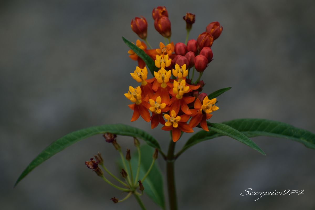 Nature, Nature 974, Nature de la Réunion, Nature à la Réunion, Flore, Flore 974, Flore Réunion, Flore de la Réunion, Flore à la Réunion, Flore indigène, Flore indigène 974, Flore indigène Réunion, Flore indigène de la Réunion, Flore indigène à la Réunion, Fleur, Fleur 974,  Fleur Réunion, Fleur de la Réunion, fleur à la Réunion, fleurs, fleurs 974, fleurs Réunion, fleurs de la Réunion, fleurs à la Réunion, fleur jaune, fleur jaune 974,  fleur jaune Réunion, fleur jaune de la Réunion, fleur jaune à la Réunion, fleur orangée, fleur orangée 974,  fleur orangée Réunion, fleur orangée de la Réunion, fleur orangée à la Réunion, fleur rouge, fleur rouge 974,  fleur rouge Réunion, fleur rouge de la Réunion, fleur rouge à la Réunion, fleur jaune et rouge, fleur jaune et rouge 974,  fleur jaune et rouge Réunion, fleur jaune et rouge de la Réunion, fleur jaune et rouge à la Réunion, fleur orangée et rouge, fleur orangée et rouge 974,  fleur orangée et rouge Réunion, fleur orangée et rouge de la Réunion, fleur orangée et rouge à la Réunion, fleur jaune et orangée, fleur jaune et orangée 974,  fleur jaune et orangée Réunion, fleur jaune et orangée de la Réunion, fleur jaune et orangée à la Réunion, espèce florale, espèce florale 974,  espèce florale Réunion, espèce florale de la Réunion, espèce florale à la Réunion,espèce florale jaune, espèce florale jaune 974,  espèce florale jaune Réunion, espèce florale jaune de la Réunion, espèce florale jaune à la Réunion, espèce florale orangée, espèce florale orangée 974,  espèce florale orangée Réunion, espèce florale orangée de la Réunion, espèce florale orangée à la Réunion, espèce florale rouge, espèce florale rouge 974,  espèce florale rouge Réunion, espèce florale rouge de la Réunion, espèce florale rouge à la Réunion, espèce florale jaune et rouge, espèce florale jaune et rouge 974,  espèce florale jaune et rouge Réunion, espèce florale jaune et rouge de la Réunion, espèce florale jaune et rouge à la Réunion, espèce florale orangée et rouge, espèce florale orangée et rouge 974,  espèce florale orangée et rouge Réunion, espèce florale orangée et rouge de la Réunion, espèce florale orangée et rouge à la Réunion, espèce florale jaune et orangée, espèce florale jaune et orangée 974,  espèce florale jaune et orangée Réunion, espèce florale jaune et orangée de la Réunion, espèce florale jaune et orangée à la Réunion, petite fleur, petite fleur 974,  petite fleur Réunion, petite fleur de la Réunion, petite fleur à la Réunion,petite fleur jaune, petite fleur jaune 974,  petite fleur jaune Réunion, petite fleur jaune de la Réunion, petite fleur jaune à la Réunion, petite fleur orangée, petite fleur orangée 974,  petite fleur orangée Réunion, petite fleur orangée de la Réunion, petite fleur orangée à la Réunion, petite fleur rouge, petite fleur rouge 974,  petite fleur rouge Réunion, petite fleur rouge de la Réunion, petite fleur rouge à la Réunion, petite fleur jaune et rouge, petite fleur jaune et rouge 974,  petite fleur jaune et rouge Réunion, petite fleur jaune et rouge de la Réunion, petite fleur jaune et rouge à la Réunion, petite fleur orangée et rouge, petite fleur orangée et rouge 974,  petite fleur orangée et rouge Réunion, petite fleur orangée et rouge de la Réunion, petite fleur orangée et rouge à la Réunion, petite fleur jaune et orangée, petite fleur jaune et orangée 974,  petite fleur jaune et orangée Réunion, petite fleur jaune et orangée de la Réunion, petite fleur jaune et orangée à la Réunion, fleurs jaunes, fleurs jaunes 974,  fleurs jaunes Réunion, fleurs jaunes de la Réunion, fleurs jaunes à la Réunion, fleurs orangées, fleurs orangées 974,  fleurs orangées Réunion, fleurs orangées de la Réunion, fleurs orangées à la Réunion, fleurs rouges, fleurs rouges 974,  fleurs rouges Réunion, fleurs rouges de la Réunion, fleurs rouges à la Réunion, fleurs jaunes et rouges, fleurs jaunes et rouges 974,  fleurs jaunes et rouges Réunion, fleurs jaunes et rouges de la Réunion, fleurs jaunes et rouges à la Réunion, fleurs orangées et rouges, fleurs orangées et rouges 974,  fleurs orangées et rouges Réunion, fleurs orangées et rouges de la Réunion, fleurs orangées et rouges à la Réunion, fleurs jaunes et orangées, fleurs jaunes et orangées 974,  fleurs jaunes et orangées Réunion, fleurs jaunes et orangées de la Réunion, fleurs jaunes et orangées à la Réunion, espèces florales, espèces florales 974,  espèces florales Réunion, espèces florales de la Réunion, espèces florales à la Réunion,espèces florales jaunes, espèces florales jaunes 974,  espèces florales jaunes Réunion, espèces florales jaunes de la Réunion, espèces florales jaunes à la Réunion, espèces florales orangées, espèces florales orangées 974,  espèces florales orangées Réunion, espèces florales orangées de la Réunion, espèces florales orangées à la Réunion, espèces florales rouges, espèces florales rouges 974,  espèces florales rouges Réunion, espèces florales rouges de la Réunion, espèces florales rouges à la Réunion, espèces florales jaunes et rouges, espèces florales jaunes et rouges 974,  espèces florales jaunes et rouges Réunion, espèces florales jaunes et rouges de la Réunion, espèces florales jaunes et rouges à la Réunion, espèces florales orangées et rouges, espèces florales orangées et rouges 974,  espèces florales orangées et rouges Réunion, espèces florales orangées et rouges de la Réunion, espèces florales orangées et rouges à la Réunion, espèces florales jaunes et orangées, espèces florales jaunes et orangées 974,  espèces florales jaunes et orangées Réunion, espèces florales jaunes et orangées de la Réunion, espèces florales jaunes et orangées à la Réunion, petites fleurs, petites fleurs 974,  petites fleurs Réunion, petites fleurs de la Réunion, petites fleurs à la Réunion,petites fleurs jaunes, petites fleurs jaunes 974,  petites fleurs jaunes Réunion, petites fleurs jaunes de la Réunion, petites fleurs jaunes à la Réunion, petites fleurs orangées, petites fleurs orangées 974,  petites fleurs orangées Réunion, petites fleurs orangées de la Réunion, petites fleurs orangées à la Réunion, petites fleurs rouges, petites fleurs rouges 974,  petites fleurs rouges Réunion, petites fleurs rouges de la Réunion, petites fleurs rouges à la Réunion, petites fleurs jaunes et rouges, petites fleurs jaunes et rouges 974,  petites fleurs jaunes et rouges Réunion, petites fleurs jaunes et rouges de la Réunion, petites fleurs jaunes et rouges à la Réunion, petites fleurs orangées et rouges, petites fleurs orangées et rouges 974,  petites fleurs orangées et rouges Réunion, petites fleurs orangées et rouges de la Réunion, petites fleurs orangées et rouges à la Réunion, petites fleurs jaunes et orangées, petites fleurs jaunes et orangées 974,  petites fleurs jaunes et orangées Réunion, petites fleurs jaunes et orangées de la Réunion, petites fleurs jaunes et orangées à la Réunion, Toxique, toxique 974, toxique Réunion, toxique de la Réunion, toxique à la Réunion, espèce toxique, espèce toxique 974, espèce toxique Réunion, espèce toxique de la Réunion, espèce toxique à la Réunion, espèce florale toxique, espèce florale toxique 974, espèce florale toxique Réunion, espèce florale toxique Réunion, espèce florale toxique de la Réunion, espèce florale toxique à la Réunion, fleur jaune toxique, fleur jaune toxique 974,  fleur jaune toxique Réunion, fleur jaune toxique de la Réunion, fleur jaune toxique à la Réunion, fleur orangée toxique, fleur orangée toxique 974,  fleur orangée toxique Réunion, fleur orangée toxique de la Réunion, fleur orangée toxique à la Réunion, fleur rouge toxique, fleur rouge toxique 974,  fleur rouge toxique Réunion, fleur rouge toxique de la Réunion, fleur rouge toxique à la Réunion, fleur jaune et rouge toxique, fleur jaune et rouge toxique 974,  fleur jaune et rouge toxique Réunion, fleur jaune et rouge toxique de la Réunion, fleur jaune et rouge toxique à la Réunion, fleur orangée  rouge toxique, fleur orangée  rouge toxique 974,  fleur orangée  rouge toxique Réunion, fleur orangée  rouge toxique de la Réunion, fleur orangée  rouge toxique à la Réunion, fleur jaune et orangée toxique, fleur jaune et orangée toxique 974,  fleur jaune et orangée toxique Réunion, fleur jaune et orangée toxique de la Réunion, fleur jaune et orangée toxique à la Réunion, espèce florale, espèce florale 974,  espèce florale Réunion, espèce florale de la Réunion, espèce florale à la Réunion,espèce florale jaune, espèce florale jaune 974,  espèce florale jaune Réunion, espèce florale jaune de la Réunion, espèce florale jaune à la Réunion, espèce florale orangée toxique, espèce florale orangée toxique 974,  espèce florale orangée toxique Réunion, espèce florale orangée toxique de la Réunion, espèce florale orangée toxique à la Réunion, espèce florale rouge toxique, espèce florale rouge toxique 974,  espèce florale rouge toxique Réunion, espèce florale rouge toxique de la Réunion, espèce florale rouge toxique à la Réunion, espèce florale jaune et rouge toxique, espèce florale jaune et rouge toxique 974,  espèce florale jaune et rouge toxique Réunion, espèce florale jaune et rouge toxique de la Réunion, espèce florale jaune et rouge toxique à la Réunion, espèce florale orangée  rouge toxique, espèce florale orangée  rouge toxique 974,  espèce florale orangée  rouge toxique Réunion, espèce florale orangée  rouge toxique de la Réunion, espèce florale orangée  rouge toxique à la Réunion, espèce florale jaune et orangée toxique, espèce florale jaune et orangée toxique 974,  espèce florale jaune et orangée toxique Réunion, espèce florale jaune et orangée toxique de la Réunion, espèce florale jaune et orangée toxique à la Réunion, petite fleur, petite fleur 974,  petite fleur Réunion, petite fleur de la Réunion, petite fleur à la Réunion,petite fleur jaune, petite fleur jaune 974,  petite fleur jaune Réunion, petite fleur jaune de la Réunion, petite fleur jaune à la Réunion, petite fleur orangée toxique, petite fleur orangée toxique 974,  petite fleur orangée toxique Réunion, petite fleur orangée toxique de la Réunion, petite fleur orangée toxique à la Réunion, petite fleur rouge toxique, petite fleur rouge toxique 974,  petite fleur rouge toxique Réunion, petite fleur rouge toxique de la Réunion, petite fleur rouge toxique à la Réunion, petite fleur jaune et rouge toxique, petite fleur jaune et rouge toxique 974,  petite fleur jaune et rouge toxique Réunion, petite fleur jaune et rouge toxique de la Réunion, petite fleur jaune et rouge toxique à la Réunion, petite fleur orangée  rouge toxique, petite fleur orangée  rouge toxique 974,  petite fleur orangée  rouge toxique Réunion, petite fleur orangée  rouge toxique de la Réunion, petite fleur orangée  rouge toxique à la Réunion, petite fleur jaune et orangée toxique, petite fleur jaune et orangée toxique 974,  petite fleur jaune et orangée toxique Réunion, petite fleur jaune et orangée toxique de la Réunion, petite fleur jaune et orangée toxique à la Réunion, toxiques, toxiques 974, toxiques Réunion, toxiques de la Réunion, toxiques à la Réunion, espèces toxiques, espèces toxiques 974, espèces toxiques Réunion, espèces toxiques de la Réunion, espèces toxiques à la Réunion, espèces florales toxiques, espèces florales toxiques 974, espèces florales toxiques Réunion, espèces florales toxiques Réunion, espèces florales toxiques de la Réunion, espèces florales toxiques à la Réunion, fleurs jaunes toxiques, fleurs jaunes toxiques 974, fleurs jaunes toxiques Réunion, fleurs jaunes toxiques de la Réunion, fleurs jaunes toxiques à la Réunion, fleurs orangées toxiques, fleurs orangées toxiques 974, fleurs orangées toxiques Réunion, fleurs orangées toxiques de la Réunion, fleurs orangées toxiques à la Réunion, fleurs rouges toxiques, fleurs rouges toxiques 974, fleurs rouges toxiques Réunion, fleurs rouges toxiques de la Réunion, fleurs rouges toxiques à la Réunion, fleurs jaunes et rouges toxiques, fleurs jaunes et rouges toxiques 974, fleurs jaunes et rouges toxiques Réunion, fleurs jaunes et rouges toxiques de la Réunion, fleurs jaunes et rouges toxiques à la Réunion, fleurs orangées rouges toxiques, fleurs orangées rouges toxiques 974, fleurs orangées rouges toxiques Réunion, fleurs orangées rouges toxiques de la Réunion, fleurs orangées rouges toxiques à la Réunion, fleurs jaunes et orangées toxiques, fleurs jaunes et orangées toxiques 974, fleurs jaunes et orangées toxiques Réunion, fleurs jaunes et orangées toxiques de la Réunion, fleurs jaunes et orangées toxiques à la Réunion, espèces florales, espèces florales 974, espèces florales Réunion, espèces florales de la Réunion, espèces florales à la Réunion,espèces florales jaunes, espèces florales jaunes 974, espèces florales jaunes Réunion, espèces florales jaunes de la Réunion, espèces florales jaunes à la Réunion, espèces florales orangées toxiques, espèces florales orangées toxiques 974, espèces florales orangées toxiques Réunion, espèces florales orangées toxiques de la Réunion, espèces florales orangées toxiques à la Réunion, espèces florales rouges toxiques, espèces florales rouges toxiques 974, espèces florales rouges toxiques Réunion, espèces florales rouges toxiques de la Réunion, espèces florales rouges toxiques à la Réunion, espèces florales jaunes et rouges toxiques, espèces florales jaunes et rouges toxiques 974, espèces florales jaunes et rouges toxiques Réunion, espèces florales jaunes et rouges toxiques de la Réunion, espèces florales jaunes et rouges toxiques à la Réunion, espèces florales orangées rouges toxiques, espèces florales orangées rouges toxiques 974, espèces florales orangées rouges toxiques Réunion, espèces florales orangées rouges toxiques de la Réunion, espèces florales orangées rouges toxiques à la Réunion, espèces florales jaunes et orangées toxiques, espèces florales jaunes et orangées toxiques 974, espèces florales jaunes et orangées toxiques Réunion, espèces florales jaunes et orangées toxiques de la Réunion, espèces florales jaunes et orangées toxiques à la Réunion, petites fleurs, petites fleurs 974, petites fleurs Réunion, petites fleurs de la Réunion, petites fleurs à la Réunion,petites fleurs jaunes, petites fleurs jaunes 974, petites fleurs jaunes Réunion, petites fleurs jaunes de la Réunion, petites fleurs jaunes à la Réunion, petites fleurs orangées toxiques, petites fleurs orangées toxiques 974, petites fleurs orangées toxiques Réunion, petites fleurs orangées toxiques de la Réunion, petites fleurs orangées toxiques à la Réunion, petites fleurs rouges toxiques, petites fleurs rouges toxiques 974, petites fleurs rouges toxiques Réunion, petites fleurs rouges toxiques de la Réunion, petites fleurs rouges toxiques à la Réunion, petites fleurs jaunes et rouges toxiques, petites fleurs jaunes et rouges toxiques 974, petites fleurs jaunes et rouges toxiques Réunion, petites fleurs jaunes et rouges toxiques de la Réunion, petites fleurs jaunes et rouges toxiques à la Réunion, petites fleurs orangées rouges toxiques, petites fleurs orangées rouges toxiques 974, petites fleurs orangées rouges toxiques Réunion, petites fleurs orangées rouges toxiques de la Réunion, petites fleurs orangées rouges toxiques à la Réunion, petites fleurs jaunes et orangées toxiques, petites fleurs jaunes et orangées toxiques 974, petites fleurs jaunes et orangées toxiques Réunion, petites fleurs jaunes et orangées toxiques de la Réunion, petites fleurs jaunes et orangées toxiques à la Réunion, potentiellement envahissantes, potentiellement envahissantes 974, potentiellement envahissantes Réunion, potentiellement envahissantes de la Réunion, potentiellement envahissantes à la Réunion, espèces potentiellement envahissantes, espèces potentiellement envahissantes 974, espèces potentiellement envahissantes Réunion, espèces potentiellement envahissantes de la Réunion, espèces potentiellement envahissantes à la Réunion, espèces florales potentiellement envahissantes, espèces florales potentiellement envahissantes 974, espèces florales potentiellement envahissantes Réunion, espèces florales potentiellement envahissantes Réunion, espèces florales potentiellement envahissantes de la Réunion, espèces florales potentiellement envahissantes à la Réunion, fleurs jaunes potentiellement envahissantes, fleurs jaunes potentiellement envahissantes 974, fleurs jaunes potentiellement envahissantes Réunion, fleurs jaunes potentiellement envahissantes de la Réunion, fleurs jaunes potentiellement envahissantes à la Réunion, fleurs orangées potentiellement envahissantes, fleurs orangées potentiellement envahissantes 974, fleurs orangées potentiellement envahissantes Réunion, fleurs orangées potentiellement envahissantes de la Réunion, fleurs orangées potentiellement envahissantes à la Réunion, fleurs rouges potentiellement envahissantes, fleurs rouges potentiellement envahissantes 974, fleurs rouges potentiellement envahissantes Réunion, fleurs rouges potentiellement envahissantes de la Réunion, fleurs rouges potentiellement envahissantes à la Réunion, fleurs jaunes et rouges potentiellement envahissantes, fleurs jaunes et rouges potentiellement envahissantes 974, fleurs jaunes et rouges potentiellement envahissantes Réunion, fleurs jaunes et rouges potentiellement envahissantes de la Réunion, fleurs jaunes et rouges potentiellement envahissantes à la Réunion, fleurs orangées rouges potentiellement envahissantes, fleurs orangées rouges potentiellement envahissantes 974, fleurs orangées rouges potentiellement envahissantes Réunion, fleurs orangées rouges potentiellement envahissantes de la Réunion, fleurs orangées rouges potentiellement envahissantes à la Réunion, fleurs jaunes et orangées potentiellement envahissantes, fleurs jaunes et orangées potentiellement envahissantes 974, fleurs jaunes et orangées potentiellement envahissantes Réunion, fleurs jaunes et orangées potentiellement envahissantes de la Réunion, fleurs jaunes et orangées potentiellement envahissantes à la Réunion, espèces florales, espèces florales 974, espèces florales Réunion, espèces florales de la Réunion, espèces florales à la Réunion,espèces florales jaunes, espèces florales jaunes 974, espèces florales jaunes Réunion, espèces florales jaunes de la Réunion, espèces florales jaunes à la Réunion, espèces florales orangées potentiellement envahissantes, espèces florales orangées potentiellement envahissantes 974, espèces florales orangées potentiellement envahissantes Réunion, espèces florales orangées potentiellement envahissantes de la Réunion, espèces florales orangées potentiellement envahissantes à la Réunion, espèces florales rouges potentiellement envahissantes, espèces florales rouges potentiellement envahissantes 974, espèces florales rouges potentiellement envahissantes Réunion, espèces florales rouges potentiellement envahissantes de la Réunion, espèces florales rouges potentiellement envahissantes à la Réunion, espèces florales jaunes et rouges potentiellement envahissantes, espèces florales jaunes et rouges potentiellement envahissantes 974, espèces florales jaunes et rouges potentiellement envahissantes Réunion, espèces florales jaunes et rouges potentiellement envahissantes de la Réunion, espèces florales jaunes et rouges potentiellement envahissantes à la Réunion, espèces florales orangées rouges potentiellement envahissantes, espèces florales orangées rouges potentiellement envahissantes 974, espèces florales orangées rouges potentiellement envahissantes Réunion, espèces florales orangées rouges potentiellement envahissantes de la Réunion, espèces florales orangées rouges potentiellement envahissantes à la Réunion, espèces florales jaunes et orangées potentiellement envahissantes, espèces florales jaunes et orangées potentiellement envahissantes 974, espèces florales jaunes et orangées potentiellement envahissantes Réunion, espèces florales jaunes et orangées potentiellement envahissantes de la Réunion, espèces florales jaunes et orangées potentiellement envahissantes à la Réunion, petites fleurs, petites fleurs 974, petites fleurs Réunion, petites fleurs de la Réunion, petites fleurs à la Réunion,petites fleurs jaunes, petites fleurs jaunes 974, petites fleurs jaunes Réunion, petites fleurs jaunes de la Réunion, petites fleurs jaunes à la Réunion, petites fleurs orangées potentiellement envahissantes, petites fleurs orangées potentiellement envahissantes 974, petites fleurs orangées potentiellement envahissantes Réunion, petites fleurs orangées potentiellement envahissantes de la Réunion, petites fleurs orangées potentiellement envahissantes à la Réunion, petites fleurs rouges potentiellement envahissantes, petites fleurs rouges potentiellement envahissantes 974, petites fleurs rouges potentiellement envahissantes Réunion, petites fleurs rouges potentiellement envahissantes de la Réunion, petites fleurs rouges potentiellement envahissantes à la Réunion, petites fleurs jaunes et rouges potentiellement envahissantes, petites fleurs jaunes et rouges potentiellement envahissantes 974, petites fleurs jaunes et rouges potentiellement envahissantes Réunion, petites fleurs jaunes et rouges potentiellement envahissantes de la Réunion, petites fleurs jaunes et rouges potentiellement envahissantes à la Réunion, petites fleurs orangées rouges potentiellement envahissantes, petites fleurs orangées rouges potentiellement envahissantes 974, petites fleurs orangées rouges potentiellement envahissantes Réunion, petites fleurs orangées rouges potentiellement envahissantes de la Réunion, petites fleurs orangées rouges potentiellement envahissantes à la Réunion, petites fleurs jaunes et orangées potentiellement envahissantes, petites fleurs jaunes et orangées potentiellement envahissantes 974, petites fleurs jaunes et orangées potentiellement envahissantes Réunion, petites fleurs jaunes et orangées potentiellement envahissantes de la Réunion, petites fleurs jaunes et orangées potentiellement envahissantes à la Réunion, potentiellement envahissantes et toxiques, potentiellement envahissantes et toxiques 974, potentiellement envahissantes et toxiques Réunion, potentiellement envahissantes et toxiques de la Réunion, potentiellement envahissantes et toxiques à la Réunion, espèces potentiellement envahissantes et toxiques, espèces potentiellement envahissantes et toxiques 974, espèces potentiellement envahissantes et toxiques Réunion, espèces potentiellement envahissantes et toxiques de la Réunion, espèces potentiellement envahissantes et toxiques à la Réunion, espèces florales potentiellement envahissantes et toxiques, espèces florales potentiellement envahissantes et toxiques 974, espèces florales potentiellement envahissantes et toxiques Réunion, espèces florales potentiellement envahissantes et toxiques Réunion, espèces florales potentiellement envahissantes et toxiques de la Réunion, espèces florales potentiellement envahissantes et toxiques à la Réunion, fleurs jaunes potentiellement envahissantes et toxiques, fleurs jaunes potentiellement envahissantes et toxiques 974, fleurs jaunes potentiellement envahissantes et toxiques Réunion, fleurs jaunes potentiellement envahissantes et toxiques de la Réunion, fleurs jaunes potentiellement envahissantes et toxiques à la Réunion, fleurs orangées potentiellement envahissantes et toxiques, fleurs orangées potentiellement envahissantes et toxiques 974, fleurs orangées potentiellement envahissantes et toxiques Réunion, fleurs orangées potentiellement envahissantes et toxiques de la Réunion, fleurs orangées potentiellement envahissantes et toxiques à la Réunion, fleurs rouges potentiellement envahissantes et toxiques, fleurs rouges potentiellement envahissantes et toxiques 974, fleurs rouges potentiellement envahissantes et toxiques Réunion, fleurs rouges potentiellement envahissantes et toxiques de la Réunion, fleurs rouges potentiellement envahissantes et toxiques à la Réunion, fleurs jaunes et rouges potentiellement envahissantes et toxiques, fleurs jaunes et rouges potentiellement envahissantes et toxiques 974, fleurs jaunes et rouges potentiellement envahissantes et toxiques Réunion, fleurs jaunes et rouges potentiellement envahissantes et toxiques de la Réunion, fleurs jaunes et rouges potentiellement envahissantes et toxiques à la Réunion, fleurs orangées rouges potentiellement envahissantes et toxiques, fleurs orangées rouges potentiellement envahissantes et toxiques 974, fleurs orangées rouges potentiellement envahissantes et toxiques Réunion, fleurs orangées rouges potentiellement envahissantes et toxiques de la Réunion, fleurs orangées rouges potentiellement envahissantes et toxiques à la Réunion, fleurs jaunes et orangées potentiellement envahissantes et toxiques, fleurs jaunes et orangées potentiellement envahissantes et toxiques 974, fleurs jaunes et orangées potentiellement envahissantes et toxiques Réunion, fleurs jaunes et orangées potentiellement envahissantes et toxiques de la Réunion, fleurs jaunes et orangées potentiellement envahissantes et toxiques à la Réunion, espèces florales, espèces florales 974, espèces florales Réunion, espèces florales de la Réunion, espèces florales à la Réunion,espèces florales jaunes, espèces florales jaunes 974, espèces florales jaunes Réunion, espèces florales jaunes de la Réunion, espèces florales jaunes à la Réunion,, petite fleur orangée rouges adventice potentiellement envahissante et toxique, petite fleur orangée rouges adventice potentiellement envahissante et toxique 974, petite fleur orangée rouges adventice potentiellement envahissante et toxique Réunion, petite fleur orangée rouges adventice potentiellement envahissante et toxique de la Réunion, petite fleur orangée rouges adventice potentiellement envahissante et toxique à la Réunion, petite fleur jaune et orangée  adventice potentiellement envahissante et toxique, petite fleur jaune et orangée  adventice potentiellement envahissante et toxique 974, petite fleur jaune et orangée  adventice potentiellement envahissante et toxique Réunion, petite fleur jaune et orangée  adventice potentiellement envahissante et toxique de la Réunion, petite fleur jaune et orangée  adventice potentiellement envahissante et toxique à la Réunion, fleur rouge, fleur rouge écarlate 974,  fleur rouge écarlate Réunion, fleur rouge écarlate de la Réunion, fleur rouge écarlate à la Réunion, fleur jaune et rouge, fleur jaune et rouge écarlate 974,  fleur jaune et rouge écarlate Réunion, fleur jaune et rouge écarlate de la Réunion, fleur jaune et rouge écarlate à la Réunion, fleur orangée et rouge, fleur orangée et rouge écarlate 974,  fleur orangée et rouge écarlate Réunion, fleur orangée et rouge écarlate de la Réunion, fleur orangée et rouge écarlate à la Réunion, espèce florale rouge, espèce florale rouge écarlate 974,  espèce florale rouge écarlate Réunion, espèce florale rouge écarlate de la Réunion, espèce florale rouge écarlate à la Réunion, espèce florale jaune et rouge, espèce florale jaune et rouge écarlate 974,  espèce florale jaune et rouge écarlate Réunion, espèce florale jaune et rouge écarlate de la Réunion, espèce florale jaune et rouge écarlate à la Réunion, espèce florale orangée et rouge, espèce florale orangée et rouge écarlate 974,  espèce florale orangée et rouge écarlate Réunion, espèce florale orangée et rouge écarlate de la Réunion, espèce florale orangée et rouge écarlate à la Réunion, petite fleur rouge, petite fleur rouge écarlate 974,  petite fleur rouge écarlate Réunion, petite fleur rouge écarlate de la Réunion, petite fleur rouge écarlate à la Réunion, petite fleur jaune et rouge, petite fleur jaune et rouge écarlate 974,  petite fleur jaune et rouge écarlate Réunion, petite fleur jaune et rouge écarlate de la Réunion, petite fleur jaune et rouge écarlate à la Réunion, petite fleur orangée et rouge, petite fleur orangée et rouge écarlate 974,  petite fleur orangée et rouge écarlate Réunion, petite fleur orangée et rouge écarlate de la Réunion, petite fleur orangée et rouge écarlate à la Réunion, fleurs rouges écarlates, fleurs rouges écarlates 974,  fleurs rouges écarlates Réunion, fleurs rouges écarlates de la Réunion, fleurs rouges écarlates à la Réunion, fleurs jaunes et rouges écarlates, fleurs jaunes et rouges écarlates 974,  fleurs jaunes et rouges écarlates Réunion, fleurs jaunes et rouges écarlates de la Réunion, fleurs jaunes et rouges écarlates à la Réunion, fleurs orangées et rouges écarlates, fleurs orangées et rouges écarlates 974,  fleurs orangées et rouges écarlates Réunion, fleurs orangées et rouges écarlates de la Réunion, fleurs orangées et rouges écarlates à la Réunion, espèces florales rouges écarlates, espèces florales rouges écarlates 974,  espèces florales rouges écarlates Réunion, espèces florales rouges écarlates de la Réunion, espèces florales rouges écarlates à la Réunion, espèces florales jaunes et rouges écarlates, espèces florales jaunes et rouges écarlates 974,  espèces florales jaunes et rouges écarlates Réunion, espèces florales jaunes et rouges écarlates de la Réunion, espèces florales jaunes et rouges écarlates à la Réunion, espèces florales orangées et rouges écarlates, espèces florales orangées et rouges écarlates 974,  espèces florales orangées et rouges écarlates Réunion, espèces florales orangées et rouges écarlates de la Réunion, espèces florales orangées et rouges écarlates à la Réunion, petites fleurs rouges écarlates, petites fleurs rouges écarlates 974,  petites fleurs rouges écarlates Réunion, petites fleurs rouges écarlates de la Réunion, petites fleurs rouges écarlates à la Réunion, petites fleurs jaunes et rouges écarlates, petites fleurs jaunes et rouges écarlates 974,  petites fleurs jaunes et rouges écarlates Réunion, petites fleurs jaunes et rouges écarlates de la Réunion, petites fleurs jaunes et rouges écarlates à la Réunion, petites fleurs orangées et rouges écarlates, petites fleurs orangées et rouges écarlates 974,  petites fleurs orangées et rouges écarlates Réunion, petites fleurs orangées et rouges écarlates de la Réunion, petites fleurs orangées et rouges écarlates à la Réunion, fleur rouge écarlate toxique 974,  fleur rouge écarlate toxique Réunion, fleur rouge écarlate toxique de la Réunion, fleur rouge écarlate toxique à la Réunion, fleur jaune et rouge écarlate toxique, fleur jaune et rouge écarlate toxique 974,  fleur jaune et rouge écarlate toxique Réunion, fleur jaune et rouge écarlate toxique de la Réunion, fleur jaune et rouge écarlate toxique à la Réunion, fleur orangée  rouge écarlate toxique, fleur orangée  rouge écarlate toxique 974,  fleur orangée  rouge écarlate toxique Réunion, fleur orangée  rouge écarlate toxique de la Réunion, fleur orangée  rouge écarlate toxique à la Réunion, espèce florale rouge écarlate toxique, espèce florale rouge écarlate toxique 974,  espèce florale rouge écarlate toxique Réunion, espèce florale rouge écarlate toxique de la Réunion, espèce florale rouge écarlate toxique à la Réunion, espèce florale jaune et rouge écarlate toxique, espèce florale jaune et rouge écarlate toxique 974,  espèce florale jaune et rouge écarlate toxique Réunion, espèce florale jaune et rouge écarlate toxique de la Réunion, espèce florale jaune et rouge écarlate toxique à la Réunion, espèce florale orangée  rouge écarlate toxique, espèce florale orangée  rouge écarlate toxique 974,  espèce florale orangée  rouge écarlate toxique Réunion, espèce florale orangée  rouge écarlate toxique de la Réunion, espèce florale orangée  rouge écarlate toxique à la Réunion, petite fleur rouge écarlate toxique, petite fleur rouge écarlate toxique 974,  petite fleur rouge écarlate toxique Réunion, petite fleur rouge écarlate toxique de la Réunion, petite fleur rouge écarlate toxique à la Réunion, petite fleur jaune et rouge écarlate toxique, petite fleur jaune et rouge écarlate toxique 974,  petite fleur jaune et rouge écarlate toxique Réunion, petite fleur jaune et rouge écarlate toxique de la Réunion, petite fleur jaune et rouge écarlate toxique à la Réunion, petite fleur orangée  rouge écarlate toxique, petite fleur orangée  rouge écarlate toxique 974,  petite fleur orangée  rouge écarlate toxique Réunion, petite fleur orangée  rouge écarlate toxique de la Réunion, petite fleur orangée  rouge écarlate toxique à la Réunion, fleurs rouges écarlates toxiques, fleurs rouges écarlates toxiques 974, fleurs rouges écarlates toxiques Réunion, fleurs rouges écarlates toxiques de la Réunion, fleurs rouges écarlates toxiques à la Réunion, fleurs jaunes et rouges écarlates toxiques, fleurs jaunes et rouges écarlates toxiques 974, fleurs jaunes et rouges écarlates toxiques Réunion, fleurs jaunes et rouges écarlates toxiques de la Réunion, fleurs jaunes et rouges écarlates toxiques à la Réunion, fleurs orangées rouges écarlates toxiques, fleurs orangées rouges écarlates toxiques 974, fleurs orangées rouges écarlates toxiques Réunion, fleurs orangées rouges écarlates toxiques de la Réunion, fleurs orangées rouges écarlates toxiques à la Réunion, espèces florales rouges écarlates toxiques, espèces florales rouges écarlates toxiques 974, espèces florales rouges écarlates toxiques Réunion, espèces florales rouges écarlates toxiques de la Réunion, espèces florales rouges écarlates toxiques à la Réunion, espèces florales jaunes et rouges écarlates toxiques, espèces florales jaunes et rouges écarlates toxiques 974, espèces florales jaunes et rouges écarlates toxiques Réunion, espèces florales jaunes et rouges écarlates toxiques de la Réunion, espèces florales jaunes et rouges écarlates toxiques à la Réunion, espèces florales orangées rouges écarlates toxiques, espèces florales orangées rouges écarlates toxiques 974, espèces florales orangées rouges écarlates toxiques Réunion, espèces florales orangées rouges écarlates toxiques de la Réunion, espèces florales orangées rouges écarlates toxiques à la Réunion, etites fleurs rouges écarlates toxiques, petites fleurs rouges écarlates toxiques 974, petites fleurs rouges écarlates toxiques Réunion, petites fleurs rouges écarlates toxiques de la Réunion, petites fleurs rouges écarlates toxiques à la Réunion, petites fleurs jaunes et rouges écarlates toxiques, petites fleurs jaunes et rouges écarlates toxiques 974, petites fleurs jaunes et rouges écarlates toxiques Réunion, petites fleurs jaunes et rouges écarlates toxiques de la Réunion, petites fleurs jaunes et rouges écarlates toxiques à la Réunion, petites fleurs orangées rouges écarlates toxiques, petites fleurs orangées rouges écarlates toxiques 974, petites fleurs orangées rouges écarlates toxiques Réunion, petites fleurs orangées rouges écarlates toxiques de la Réunion, fleurs rouges écarlates potentiellement envahissantes, fleurs rouges écarlates potentiellement envahissantes 974, fleurs rouges écarlates potentiellement envahissantes Réunion, fleurs rouges écarlates potentiellement envahissantes de la Réunion, fleurs rouges écarlates potentiellement envahissantes à la Réunion, fleurs jaunes et rouges écarlates potentiellement envahissantes, fleurs jaunes et rouges écarlates potentiellement envahissantes 974, fleurs jaunes et rouges écarlates potentiellement envahissantes Réunion, fleurs jaunes et rouges écarlates potentiellement envahissantes de la Réunion, fleurs jaunes et rouges écarlates potentiellement envahissantes à la Réunion, fleurs orangées rouges écarlates potentiellement envahissantes, fleurs orangées rouges écarlates potentiellement envahissantes 974, fleurs orangées rouges écarlates potentiellement envahissantes Réunion, fleurs orangées rouges écarlates potentiellement envahissantes de la Réunion, fleurs orangées rouges écarlates potentiellement envahissantes à la Réunion, espèces florales rouges écarlates potentiellement envahissantes, espèces florales rouges écarlates potentiellement envahissantes 974, espèces florales rouges écarlates potentiellement envahissantes Réunion, espèces florales rouges écarlates potentiellement envahissantes de la Réunion, espèces florales rouges écarlates potentiellement envahissantes à la Réunion, espèces florales jaunes et rouges écarlates potentiellement envahissantes, espèces florales jaunes et rouges écarlates potentiellement envahissantes 974, espèces florales jaunes et rouges écarlates potentiellement envahissantes Réunion, espèces florales jaunes et rouges écarlates potentiellement envahissantes de la Réunion, espèces florales jaunes et rouges écarlates potentiellement envahissantes à la Réunion, espèces florales orangées rouges écarlates potentiellement envahissantes, espèces florales orangées rouges écarlates potentiellement envahissantes 974, espèces florales orangées rouges écarlates potentiellement envahissantes Réunion, espèces florales orangées rouges écarlates potentiellement envahissantes de la Réunion, espèces florales orangées rouges écarlates potentiellement envahissantes à la Réunion, petites fleurs rouges écarlates potentiellement envahissantes, petites fleurs rouges écarlates potentiellement envahissantes 974, petites fleurs rouges écarlates potentiellement envahissantes Réunion, petites fleurs rouges écarlates potentiellement envahissantes de la Réunion, petites fleurs rouges écarlates potentiellement envahissantes à la Réunion, petites fleurs jaunes et rouges écarlates potentiellement envahissantes, petites fleurs jaunes et rouges écarlates potentiellement envahissantes 974, petites fleurs jaunes et rouges écarlates potentiellement envahissantes Réunion, petites fleurs jaunes et rouges écarlates potentiellement envahissantes de la Réunion, petites fleurs jaunes et rouges écarlates potentiellement envahissantes à la Réunion, petites fleurs orangées rouges écarlates potentiellement envahissantes, petites fleurs orangées rouges écarlates potentiellement envahissantes 974, petites fleurs orangées rouges écarlates potentiellement envahissantes Réunion, petites fleurs orangées rouges écarlates potentiellement envahissantes de la Réunion, petites fleurs orangées rouges écarlates potentiellement envahissantes à la Réunion, fleurs rouges écarlates potentiellement envahissantes et toxiques, fleurs rouges écarlates potentiellement envahissantes et toxiques 974, fleurs rouges écarlates potentiellement envahissantes et toxiques Réunion, fleurs rouges écarlates potentiellement envahissantes et toxiques de la Réunion, fleurs rouges écarlates potentiellement envahissantes et toxiques à la Réunion, fleurs jaunes et rouges écarlates potentiellement envahissantes et toxiques, fleurs jaunes et rouges écarlates potentiellement envahissantes et toxiques 974, fleurs jaunes et rouges écarlates potentiellement envahissantes et toxiques Réunion, fleurs jaunes et rouges écarlates potentiellement envahissantes et toxiques de la Réunion, fleurs jaunes et rouges écarlates potentiellement envahissantes et toxiques à la Réunion, fleurs orangées rouges écarlates potentiellement envahissantes et toxiques, fleurs orangées rouges écarlates potentiellement envahissantes et toxiques 974, fleurs orangées rouges écarlates potentiellement envahissantes et toxiques Réunion, fleurs orangées rouges écarlates potentiellement envahissantes et toxiques de la Réunion, fleurs orangées rouges écarlates potentiellement envahissantes et toxiques à la Réunion, espèces florales rouges écarlates potentiellement envahissantes et toxiques, espèces florales rouges écarlates potentiellement envahissantes et toxiques 974, espèces florales rouges écarlates potentiellement envahissantes et toxiques Réunion, espèces florales rouges écarlates potentiellement envahissantes et toxiques de la Réunion, espèces florales rouges écarlates potentiellement envahissantes et toxiques à la Réunion, espèces florales jaunes et rouges écarlates potentiellement envahissantes et toxiques, espèces florales jaunes et rouges écarlates potentiellement envahissantes et toxiques 974, espèces florales jaunes et rouges écarlates potentiellement envahissantes et toxiques Réunion, espèces florales jaunes et rouges écarlates potentiellement envahissantes et toxiques de la Réunion, espèces florales jaunes et rouges écarlates potentiellement envahissantes et toxiques à la Réunion, espèces florales orangées rouges écarlates potentiellement envahissantes et toxiques, espèces florales orangées rouges écarlates potentiellement envahissantes et toxiques 974, espèces florales orangées rouges écarlates potentiellement envahissantes et toxiques Réunion, espèces florales orangées rouges écarlates potentiellement envahissantes et toxiques de la Réunion, espèces florales orangées rouges écarlates potentiellement envahissantes et toxiques à la Réunion,  petites fleurs rouges écarlates potentiellement envahissantes et toxiques, petites fleurs rouges écarlates potentiellement envahissantes et toxiques 974, petites fleurs rouges écarlates potentiellement envahissantes et toxiques Réunion, petites fleurs rouges écarlates potentiellement envahissantes et toxiques de la Réunion, petites fleurs rouges écarlates potentiellement envahissantes et toxiques à la Réunion, petites fleurs jaunes et rouges écarlates potentiellement envahissantes et toxiques, petites fleurs jaunes et rouges écarlates potentiellement envahissantes et toxiques 974, petites fleurs jaunes et rouges écarlates potentiellement envahissantes et toxiques Réunion, petites fleurs jaunes et rouges écarlates potentiellement envahissantes et toxiques de la Réunion, petites fleurs jaunes et rouges écarlates potentiellement envahissantes et toxiques à la Réunion, petites fleurs orangées rouges écarlates potentiellement envahissantes et toxiques, petites fleurs orangées rouges écarlates potentiellement envahissantes et toxiques 974, petites fleurs orangées rouges écarlates potentiellement envahissantes et toxiques Réunion, petites fleurs orangées rouges écarlates potentiellement envahissantes et toxiques de la Réunion, petites fleurs orangées rouges écarlates potentiellement envahissantes et toxiques à la Réunion, fleur rouge écarlate potentiellement envahissante et toxique, fleur rouge écarlate potentiellement envahissante et toxique 974, fleur rouge écarlate potentiellement envahissante et toxique Réunion, fleur rouge écarlate potentiellement envahissante et toxique de la Réunion, fleur rouge écarlate potentiellement envahissante et toxique à la Réunion, fleur jaune et rouge écarlate potentiellement envahissante et toxique, fleur jaune et rouge écarlate potentiellement envahissante et toxique 974, fleur jaune et rouge écarlate potentiellement envahissante et toxique Réunion, fleur jaune et rouge écarlate potentiellement envahissante et toxique de la Réunion, fleur jaune et rouge écarlate potentiellement envahissante et toxique à la Réunion, fleur orangée rouge écarlate potentiellement envahissante et toxique, fleur orangée rouge écarlate potentiellement envahissante et toxique 974, fleur orangée rouge écarlate potentiellement envahissante et toxique Réunion, fleur orangée rouge écarlate potentiellement envahissante et toxique de la Réunion, fleur orangée rouge écarlate potentiellement envahissante et toxique à la Réunion, espèce florale rouge écarlate potentiellement envahissante et toxique, espèce florale rouge écarlate potentiellement envahissante et toxique 974, espèce florale rouge écarlate potentiellement envahissante et toxique Réunion, espèce florale rouge écarlate potentiellement envahissante et toxique de la Réunion, espèce florale rouge écarlate potentiellement envahissante et toxique à la Réunion, espèce florale jaune et rouge écarlate potentiellement envahissante et toxique, espèce florale jaune et rouge écarlate potentiellement envahissante et toxique 974, espèce florale jaune et rouge écarlate potentiellement envahissante et toxique Réunion, espèce florale jaune et rouge écarlate potentiellement envahissante et toxique de la Réunion, espèce florale jaune et rouge écarlate potentiellement envahissante et toxique à la Réunion, espèce florale orangée rouge écarlate potentiellement envahissante et toxique, espèce florale orangée rouge écarlate potentiellement envahissante et toxique 974, espèce florale orangée rouge écarlate potentiellement envahissante et toxique Réunion, espèce florale orangée rouge écarlate potentiellement envahissante et toxique de la Réunion, espèce florale orangée rouge écarlate potentiellement envahissante et toxique à la Réunion,  petite fleur rouge écarlate potentiellement envahissante et toxique, petite fleur rouge écarlate potentiellement envahissante et toxique 974, petite fleur rouge écarlate potentiellement envahissante et toxique Réunion, petite fleur rouge écarlate potentiellement envahissante et toxique de la Réunion, petite fleur rouge écarlate potentiellement envahissante et toxique à la Réunion, petite fleur jaune et rouge écarlate potentiellement envahissante et toxique, petite fleur jaune et rouge écarlate potentiellement envahissante et toxique 974, petite fleur jaune et rouge écarlate potentiellement envahissante et toxique Réunion, petite fleur jaune et rouge écarlate potentiellement envahissante et toxique de la Réunion, petite fleur jaune et rouge écarlate potentiellement envahissante et toxique à la Réunion, petite fleur orangée rouge écarlate potentiellement envahissante et toxique, petite fleur orangée rouge écarlate potentiellement envahissante et toxique 974, petite fleur orangée rouge écarlate potentiellement envahissante et toxique Réunion, petite fleur orangée rouge écarlate potentiellement envahissante et toxique de la Réunion, petite fleur orangée rouge écarlate potentiellement envahissante et toxique à la Réunion, fleur rouge écarlate espèce potentiellement envahissante et toxique à la Réunion, fleur jaune et rouge écarlate espèce potentiellement envahissante et toxique, fleur jaune et rouge écarlate espèce potentiellementt envahissante et toxique 974, fleur jaune et rouge écarlate espèce potentiellement envahissante et toxique Réunion, fleur jaune et rouge écarlate espèce potentiellement envahissante et toxique de la Réunion, fleur jaune et rouge écarlate espèce potentiellement envahissante et toxique à la Réunion, fleur orangée rouge écarlate espèce potentiellement envahissante et toxique, fleur orangée rouge écarlate espèce potentiellement envahissante et toxique 974, fleur orangée rouge écarlate espèce potentiellement envahissante et toxique Réunion, fleur orangée rouge écarlate espèce potentiellement envahissante et toxique de la Réunion, fleur orangée rouge écarlate espèce potentiellement envahissante et toxique à la Réunion, espèce florale rouge écarlate espèce potentiellement envahissante et toxique, espèce florale rouge écarlate espèce potentiellement envahissante et toxique 974, espèce florale rouge écarlate espèce potentiellement envahissante et toxique Réunion, espèce florale rouge écarlate espèce potentiellement envahissante et toxique de la Réunion, espèce florale rouge écarlate espèce potentiellement envahissante et toxique à la Réunion, espèce florale jaune et rouge écarlate espèce potentiellement envahissante et toxique, espèce florale jaune et rouge écarlate espèce potentiellement envahissante et toxique 974, espèce florale jaune et rouge écarlate espèce potentiellement envahissante et toxique Réunion, espèce florale jaune et rouge écarlate espèce potentiellement envahissante et toxique de la Réunion, espèce florale jaune et rouge écarlate espèce potentiellement envahissante et toxique à la Réunion, espèce florale orangée rouge écarlate espèce potentiellement envahissante et toxique, espèce florale orangée rouge écarlate espèce potentiellement envahissante et toxique 974, espèce florale orangée rouge écarlate espèce potentiellement envahissante et toxique Réunion, espèce florale orangée rouge écarlate espèce potentiellement envahissante et toxique de la Réunion, espèce florale orangée rouge écarlate espèce potentiellement envahissante et toxique à la Réunion, petite fleur rouge écarlate espèce potentiellement envahissante et toxique, petite fleur rouge écarlate espèce potentiellement envahissante et toxique 974, petite fleur rouge écarlate espèce potentiellement envahissante et toxique Réunion, petite fleur rouge écarlate espèce potentiellement envahissante et toxique de la Réunion, petite fleur rouge écarlate espèce potentiellement envahissante et toxique à la Réunion, petite fleur jaune et rouge écarlate espèce potentiellement envahissante et toxique, petite fleur jaune et rouge écarlate espèce potentiellement envahissante et toxique 974, petite fleur jaune et rouge écarlate espèce potentiellement envahissante et toxique Réunion, petite fleur jaune et rouge écarlate espèce potentiellement envahissante et toxique de la Réunion, petite fleur jaune et rouge écarlate espèce potentiellement envahissante et toxique à la Réunion, petite fleur orangée rouge écarlate espèce potentiellement envahissante et toxique, petite fleur orangée rouge écarlate espèce potentiellement envahissante et toxique 974, petite fleur orangée rouge écarlate espèce potentiellement envahissante et toxique Réunion, petite fleur orangée rouge écarlate espèce potentiellement envahissante et toxique de la Réunion, petite fleur orangée rouge écarlate espèce potentiellement envahissante et toxique à la Réunion, fleur rouge écarlate espèce potentiellement envahissante, fleur rouge écarlate espèce potentiellement envahissante 974, fleur rouge écarlate espèce potentiellement envahissante Réunion, fleur rouge écarlate espèce potentiellement envahissante de la Réunion, fleur rouge écarlate espèce potentiellement envahissante à la Réunion, fleur jaune et rouge écarlate espèce potentiellement envahissante, fleur jaune et rouge écarlate espèce potentiellement envahissante 974, fleur jaune et rouge écarlate espèce potentiellement envahissante Réunion, fleur jaune et rouge écarlate espèce potentiellement envahissante de la Réunion, fleur jaune et rouge écarlate espèce potentiellement envahissante à la Réunion, fleur orangée rouge écarlate espèce potentiellement envahissante, fleur orangée rouge écarlate espèce potentiellement envahissante 974, fleur orangée rouge écarlate espèce potentiellement envahissante Réunion, fleur orangée rouge écarlate espèce potentiellement envahissante de la Réunion, fleur orangée rouge écarlate espèce potentiellement envahissante à la Réunion, petite fleur rouges écarlates adventice potentiellement envahissante et toxique de la Réunion, petite fleur rouges écarlates adventice potentiellement envahissante et toxique à la Réunion, petite fleur jaune et orangée et rouges écarlates adventice potentiellement envahissante et toxique, petite fleur jaune et orangée et rouges écarlates adventice potentiellement envahissante et toxique 974, petite fleur jaune et orangée et rouges écarlates adventice potentiellement envahissante et toxique Réunion, petite fleur jaune et orangée et rouges écarlates adventice potentiellement envahissante et toxique de la Réunion, petite fleur jaune et orangée et rouges écarlates adventice potentiellement envahissante et toxique à la Réunion, petite fleur orangée rouges écarlates adventice potentiellement envahissante et toxique, petite fleur orangée rouges écarlates adventice potentiellement envahissante et toxique 974, petite fleur orangée rouges écarlates adventice potentiellement envahissante et toxique Réunion, petite fleur orangée rouges écarlates adventice potentiellement envahissante et toxique de la Réunion, petite fleur orangée rouges écarlates adventice potentiellement envahissante et toxique à la Réunion, espèce florale rouges écarlates Mauvaise herbe potentiellement envahissante et toxique, espèce florale rouges écarlates Mauvaise herbe potentiellement envahissante et toxique 974, espèce florale rouges écarlates Mauvaise herbe potentiellement envahissante et toxique Réunion, espèce florale rouges écarlates Mauvaise herbe potentiellement envahissante et toxique de la Réunion, espèce florale rouges écarlates Mauvaise herbe potentiellement envahissante et toxique à la Réunion, espèce florale jaune et orangée et rouges écarlates Mauvaise herbe potentiellement envahissante et toxique, espèce florale jaune et orangée et rouges écarlates Mauvaise herbe potentiellement envahissante et toxique 974, espèce florale jaune et orangée et rouges écarlates Mauvaise herbe potentiellement envahissante et toxique Réunion, espèce florale jaune et orangée et rouges écarlates Mauvaise herbe potentiellement envahissante et toxique de la Réunion, espèce florale jaune et orangée et rouges écarlates Mauvaise herbe potentiellement envahissante et toxique à la Réunion, espèce florale orangée rouges écarlates Mauvaise herbe potentiellement envahissante et toxique, espèce florale orangée rouges écarlates Mauvaise herbe potentiellement envahissante et toxique 974, espèce florale orangée rouges écarlates Mauvaise herbe potentiellement envahissante et toxique Réunion, espèce florale orangée rouges écarlates Mauvaise herbe potentiellement envahissante et toxique de la Réunion, petite fleur rouges écarlates Mauvaise herbe potentiellement envahissante et toxique, petite fleur rouges écarlates Mauvaise herbe potentiellement envahissante et toxique 974, petite fleur rouges écarlates Mauvaise herbe potentiellement envahissante et toxique Réunion, petite fleur rouges écarlates Mauvaise herbe potentiellement envahissante et toxique de la Réunion, petite fleur rouges écarlates Mauvaise herbe potentiellement envahissante et toxique à la Réunion, petite fleur jaune et orangée et rouges écarlates Mauvaise herbe potentiellement envahissante et toxique, petite fleur jaune et orangée et rouges écarlates Mauvaise herbe potentiellement envahissante et toxique 974, petite fleur jaune et orangée et rouges écarlates Mauvaise herbe potentiellement envahissante et toxique Réunion, petite fleur jaune et orangée et rouges écarlates Mauvaise herbe potentiellement envahissante et toxique de la Réunion, petite fleur jaune et orangée et rouges écarlates Mauvaise herbe potentiellement envahissante et toxique à la Réunion, petite fleur orangée rouges écarlates Mauvaise herbe potentiellement envahissante et toxique, petite fleur orangée rouges écarlates Mauvaise herbe potentiellement envahissante et toxique 974, petite fleur orangée rouges écarlates Mauvaise herbe potentiellement envahissante et toxique Réunion, petite fleur orangée rouges écarlates Mauvaise herbe potentiellement envahissante et toxique de la Réunion, petite fleur orangée rouges écarlates Mauvaise herbe potentiellement envahissante et toxique à la Réunion, petites fleurs rouges écarlates Mauvaises Herbes potentiellement envahissantes et toxiques, petites fleurs rouges écarlates Mauvaises Herbes potentiellement envahissantes et toxiques 974, petites fleurs rouges écarlates Mauvaises Herbes potentiellement envahissantes et toxiques Réunion, petites fleurs rouges écarlates Mauvaises Herbes potentiellement envahissantes et toxiques de la Réunion, petites fleurs rouges écarlates Mauvaises Herbes potentiellement envahissantes et toxiques à la Réunion, petites fleurs jaunes et rouges écarlates Mauvaises Herbes potentiellement envahissantes et toxiques, petites fleurs jaunes et rouges écarlates Mauvaises Herbes potentiellement envahissantes et toxiques 974, petites fleurs jaunes et rouges écarlates Mauvaises Herbes potentiellement envahissantes et toxiques Réunion, petites fleurs jaunes et rouges écarlates Mauvaises Herbes potentiellement envahissantes et toxiques de la Réunion, petites fleurs jaunes et rouges écarlates Mauvaises Herbes potentiellement envahissantes et toxiques à la Réunion, petites fleurs orangées rouges écarlates Mauvaises Herbes potentiellement envahissantes et toxiques, petites fleurs orangées rouges écarlates Mauvaises Herbes potentiellement envahissantes et toxiques 974, petites fleurs orangées rouges écarlates Mauvaises Herbes potentiellement envahissantes et toxiques Réunion, petites fleurs orangées rouges écarlates Mauvaises Herbes potentiellement envahissantes et toxiques de la Réunion, petites fleurs orangées rouges écarlates Mauvaises Herbes potentiellement envahissantes et toxiques à la Réunion, espèces florales rouges écarlates Mauvaises Herbes potentiellement envahissantes et toxiques, espèces florales rouges écarlates Mauvaises Herbes potentiellement envahissantes et toxiques 974, espèces florales rouges écarlates Mauvaises Herbes potentiellement envahissantes et toxiques Réunion, espèces florales rouges écarlates Mauvaises Herbes potentiellement envahissantes et toxiques de la Réunion, espèces florales rouges écarlates Mauvaises Herbes potentiellement envahissantes et toxiques à la Réunion, espèces florales jaunes et rouges écarlates Mauvaises Herbes potentiellement envahissantes et toxiques, espèces florales jaunes et rouges écarlates Mauvaises Herbes potentiellement envahissantes et toxiques 974, espèces florales jaunes et rouges écarlates Mauvaises Herbes potentiellement envahissantes et toxiques Réunion, espèces florales jaunes et rouges écarlates Mauvaises Herbes potentiellement envahissantes et toxiques de la Réunion, espèces florales jaunes et rouges écarlates Mauvaises Herbes potentiellement envahissantes et toxiques à la Réunion, espèces florales orangées rouges écarlates Mauvaises Herbes potentiellement envahissantes et toxiques, espèces florales orangées rouges écarlates Mauvaises Herbes potentiellement envahissantes et toxiques 974, espèces florales orangées rouges écarlates Mauvaises Herbes potentiellement envahissantes et toxiques Réunion, espèces florales orangées rouges écarlates Mauvaises Herbes potentiellement envahissantes et toxiques de la Réunion, espèces florales orangées rouges écarlates Mauvaises Herbes potentiellement envahissantes et toxiques à la Réunion, fleurs rouges écarlates Mauvaises Herbes potentiellement envahissantes et toxiques, fleurs rouges écarlates Mauvaises Herbes potentiellement envahissantes et toxiques 974, fleurs rouges écarlates Mauvaises Herbes potentiellement envahissantes et toxiques Réunion, fleurs rouges écarlates Mauvaises Herbes potentiellement envahissantes et toxiques de la Réunion, fleurs rouges écarlates Mauvaises Herbes potentiellement envahissantes et toxiques à la Réunion, fleurs jaunes et rouges écarlates Mauvaises Herbes potentiellement envahissantes et toxiques, fleurs jaunes et rouges écarlates Mauvaises Herbes potentiellement envahissantes et toxiques 974, fleurs jaunes et rouges écarlates Mauvaises Herbes potentiellement envahissantes et toxiques Réunion, fleurs jaunes et rouges écarlates Mauvaises Herbes potentiellement envahissantes et toxiques de la Réunion, fleurs jaunes et rouges écarlates Mauvaises Herbes potentiellement envahissantes et toxiques à la Réunion, petites fleurs rouges écarlates espèces potentiellement envahissantes, petites fleurs rouges écarlates espèces potentiellement envahissantes 974, petites fleurs rouges écarlates espèces potentiellement envahissantes Réunion, petites fleurs rouges écarlates espèces potentiellement envahissantes de la Réunion, petites fleurs rouges écarlates espèces potentiellement envahissantes à la Réunion, petites fleurs jaunes et rouges écarlates espèces potentiellement envahissantes, petites fleurs jaunes et rouges écarlates espèces potentiellement envahissantes 974, petites fleurs jaunes et rouges écarlates espèces potentiellement envahissantes Réunion, petites fleurs jaunes et rouges écarlates espèces potentiellement envahissantes de la Réunion, petites fleurs jaunes et rouges écarlates espèces potentiellement envahissantes à la Réunion, petites fleurs orangées rouges écarlates espèces potentiellement envahissantes, petites fleurs orangées rouges écarlates espèces potentiellement envahissantes 974, petites fleurs orangées rouges écarlates espèces potentiellement envahissantes Réunion, petites fleurs orangées rouges écarlates espèces potentiellement envahissantes de la Réunion, petites fleurs orangées rouges écarlates espèces potentiellement envahissantes à la Réunion, Gentianales,  Gentianales 974,  Gentianales Réunion,  Gentianales de la Réunion,  Gentianales à la Réunion, Apocynaceae,  Apocynaceae 974,  Apocynaceae Réunion,  Apocynaceae de la Réunion,  Apocynaceae à la Réunion, Asclepiadoideae,  Asclepiadoideae 974,  Asclepiadoideae Réunion,  Asclepiadoideae de la Réunion,  Asclepiadoideae à la Réunion, Asclepiadeae,  Asclepiadeae 974,  Asclepiadeae Réunion,  Asclepiadeae de la Réunion,  Asclepiadeae à la Réunion,  Asclepianae,  Asclepianae 974,  Asclepianae Réunion,  Asclepianae de la Réunion,  Asclepianae à la Réunion,  Asclepias,  Asclepias 974,  Asclepias Réunion,  Asclepias de la Réunion,  Asclepias à la Réunion,   Asclepias curassiva,  Asclepias curassiva 974,  Asclepias curassiva Réunion,  Asclepias curassiva de la Réunion,  Asclepias curassiva à la Réunion,  Asclepias curassiva L., Asclepias curassiva L. 974, Asclepias curassiva L. Réunion, Asclepias curassiva L. de la Réunion, Asclepias curassiva L. à la Réunion, Asclepias curassiva L. 1753, Asclepias curassiva L. 1753 974, Asclepias curassiva L. 1753 Réunion, Asclepias curassiva L. 1753 de la Réunion, Asclepias curassiva L. 1753 à la Réunion, Asclepias curassiva (L., 1753),  Asclepias curassiva (L., 1753) 974,  Asclepias curassiva (L., 1753) Réunion,  Asclepias curassiva (L., 1753) de la Réunion,  Asclepias curassiva (L., 1753) à la Réunion, Asclepias nivea var. curassavica,  Asclepias nivea var. curassavica 974,  Asclepias nivea var. curassavica Réunion,  Asclepias nivea var. curassavica de la Réunion,  Asclepias nivea var. curassavica à la Réunion,  Asclepias nivea var. curassavica (L.) Kuntze, Asclepias nivea var. curassavica (L.) Kuntze 974, Asclepias nivea var. curassavica (L.) Kuntze Réunion, Asclepias nivea var. curassavica (L.) Kuntze de la Réunion, Asclepias nivea var. curassavica (L.) Kuntze à la Réunion, Asclepias nivea var. curassavica ((L.) Kuntze, 1891), Asclepias nivea var. curassavica ((L.) Kuntze, 1891) 974,, Asclepias nivea var. curassavica ((L.) Kuntze, 1891) Réunion, Asclepias nivea var. curassavica ((L.) Kuntze, 1891) de la Réunion, Asclepias nivea var. curassavica ((L.) Kuntze, 1891) à la Réunion, Asclepias nivea var. curassavica (L.) Kuntze 1891,  Asclepias nivea var. curassavica (L.) Kuntze 1891 974,  Asclepias nivea var. curassavica (L.) Kuntze 1891 Réunion,  Asclepias nivea var. curassavica (L.) Kuntze 1891 de la Réunion,  Asclepias nivea var. curassavica (L.) Kuntze 1891 à la Réunion, ùruuru vaikirita, ùruuru vaikirita 974, ùruuru vaikirita de la Réunion, ùruuru vaikirita Réunion, ùruuru vaikirita à la Réunion, kirita,  kirita 974,  kirita Réunion,  kirita de la Réunion,  kirita à la Réunion, pua pukehua,  pua pukehua 974,  pua pukehua Réunion,  pua pukehua de la Réunion,  pua pukehua à la Réunion, vevai, vevai 974, vevai Réunion, vevai de la Réunion, vevai à la Réunion, puke, puke 974, puke Réunion, puke de la Réunion, puke à la Réunion, puatauia pepe,  puatauia pepe 974,  puatauia pepe Réunion,  puatauia pepe de la Réunion,  puatauia pepe à la Réunion, Calypso,  Calypso 974,  Calypso Réunion,  Calypso de la Réunion,  Calypso à la Réunion, Herbe à gendarme, Herbe à gendarme 974, Herbe à gendarme Réunion, Herbe à gendarme de la Réunion, Herbe à gendarme à la Réunion, Pamba moushi,  Pamba moushi 974,  Pamba moushi Réunion,  Pamba moushi de la Réunion,  Pamba moushi à la Réunion, Pamba moushi argentée,  Pamba moushi argentée 974,  Pamba moushi argentée Réunion,  Pamba moushi argentée de la Réunion,  Pamba moushi argentée à la Réunion, Corbeille d'or à ouate, töhinu, tähinu, tä’inu, ‘io’ugu, Ipéca sauvage,  Ipéca sauvage 974,  Ipéca sauvage Réunion,  Ipéca sauvage de la Réunion,  Ipéca sauvage à la Réunion, Tropical milkweed, Bloodflower, Scarlet milkweed, Apocynacées,   Apocynacées 974,  Apocynacées Réunion,  Apocynacées de la Réunion,  Apocynacées à la Réunion, Asclépiade de Curaçao, Asclépiade de Curaçao 974, Asclépiade de Curaçao Réunion, Asclépiade de Curaçao de la Réunion, Asclépiade de Curaçao à la Réunion, Herbe à chenilles, Herbe à chenilles 974, Herbe à chenilles Réunion, Herbe à chenilles de la Réunion, Herbe à chenilles à la Réunion, Herbe à Madame Boivin, Herbe à Madame Boivin 974, Herbe à Madame Boivin Réunion, Herbe à Madame Boivin de la Réunion, Herbe à Madame Boivin à la Réunion, Ti Ouette, Ti Ouette 974, Ti Ouette Réunion, Ti Ouette à la Réunion, Ti Ouette de la Réunion, Herbe à papillons, Herbe à papillons 974, Herbe à papillons Réunion, Herbe à papillons de la Réunion, Herbe à papillons à la Réunion