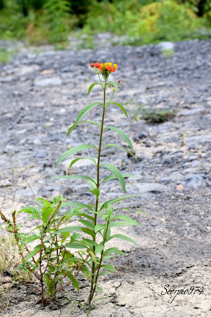 L'Herbe à chenilles (Asclepias curassavica (L., 1753)).