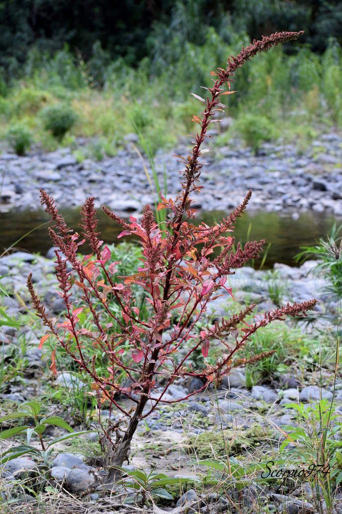 L'Amarante étalée (Amaranthus cruenthus (L., 1759)).