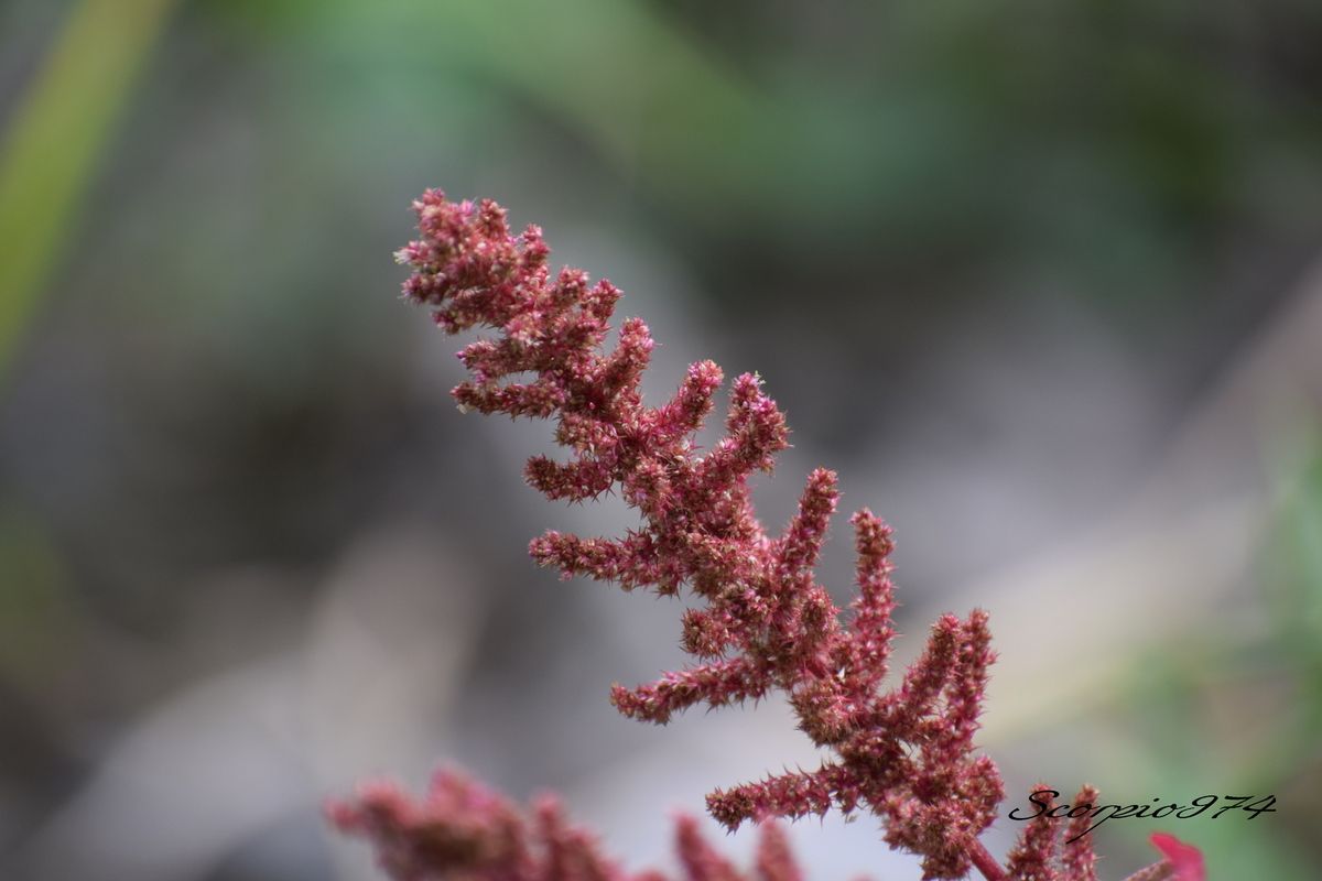 Nature, nature 974, nature Réunion, nature de la Réunion, nature à la Réunion, flore, flore 974, flore Réunion, flore de la Réunion, flore à la Réunion, introduite, introduite 974, introduite Réunion, introduite de la Réunion, introduite à la Réunion, introduites, introduites à la Réunion, introduites de la Réunion, introduites 974, introduites Réunion, espèce introduite,  espèce introduite 974,  espèce introduite Réunion,  espèce introduite de la Réunion,  espèce introduite à la Réunion, espèces introduites,  espèces introduites 974,  espèces introduites Réunion,  espèces introduites de la Réunion,  espèces introduites à la Réunion, flore introduite,  flore introduite 974,  flore introduite Réunion,  flore introduite de la Réunion,  flore introduite à la Réunion, fleur, fleur 974, fleur Réunion, fleur de la Réunion, fleur à la Réunion, fleurs, fleurs 974, fleurs Réunion, fleurs de la Réunion, fleurs à la Réunion, fleur rouge, fleur rouge 974, fleur rouge Réunion, fleur rouge de la Réunion, fleur rouge à la Réunion, fleurs rouges, fleurs rouges 974, fleurs rouges Réunion, fleurs rouges de la Réunion, fleurs rouges à la Réunion, petite fleur, petite fleur 974, petite fleur Réunion, petite fleur de la Réunion, petite fleur à la Réunion, petites fleurs, petites fleurs 974, petites fleurs de la Réunion, petites fleurs Réunion, petites fleurs à la Réunion, petite fleur rouge, petite fleur rouge 974, petite fleur rouge Réunion, petite fleur rouge de la Réunion, petite fleur rouge à la Réunion, petites fleurs rouges, petites fleurs rouges 974, petites fleurs rouges Réunion, petites fleurs rouges de la Réunion, petites fleurs rouges à la Réunion, espèce florale envahissante, espèce florale envahissante 974, espèce florale envahissante Réunion, Espèce florale envahissante de la Réunion, espèce florale à la Réunion, espèces florales, espèces florales 974, espèces florales Réunion, espèces florales à la Réunion, espèces florales de la Réunion, espèces florales envahissantes, espèces florales envahissantes 974, espèces florales envahissantes Réunion, espèces florales envahissantes de la Réunion, espèces florales envahissantes à la Réunion, Fleurs, Fleurs 974, Fleurs Réunion, Fleurs à la Réunion, Fleurs de la Réunion, adventice, adventice 974, adventice Réunion, adventice de la Réunion, adventice à la Réunion, adventices, adventices 974, adventices Réunion, adventices de la Réunion, adventices à la Réunion, mauvaise herbe, mauvaise herbe 974, mauvaise herbe Réunion, mauvaise herbe de la Réunion, mauvaise herbe à la Réunion, mauvaises herbes, mauvaises herbes 974, mauvaises herbes 974, mauvaises herbes Réunion, mauvaises herbes à la Réunion, mauvaises herbes de la Réunion, toxique, toxique 974, toxique Réunion, toxique de la Réunion, toxique à la Réunion, toxiques, toxiques 974, toxiques de la Réunion, toxiques Réunion, toxiques à la Réunion,  Fleur toxique, Fleur toxique 974, Fleur toxique Réunion, Fleur toxique de la Réunion, Fleur toxique à la Réunion, Fleurs toxiques, Fleurs toxiques 974, Fleurs toxiques Réunion, Fleurs toxiques à la Réunion, Fleurs toxiques de la Réunion, adventice toxique, adventice toxique 974, adventice toxique Réunion, adventice toxique de la Réunion, adventice toxique à la Réunion, adventices toxiques, adventices toxiques 974, adventices toxiques Réunion, adventices toxiques de la Réunion, adventices toxiques à la Réunion, mauvaise herbe toxique, mauvaise herbe toxique 974, mauvaise herbe toxique Réunion, mauvaise herbe toxique de la Réunion, mauvaise herbe toxique à la Réunion, mauvaises herbes toxiques, mauvaises herbes toxiques 974, mauvaises herbes toxiques 974, mauvaises herbes toxiques Réunion, mauvaises herbes toxiques à la Réunion, mauvaises herbes toxiques de la Réunion, Caryophyllanae,  Caryophyllanae 974,  Caryophyllanae Réunion, Caryophyllanae de la Réunion,  Caryophyllanae à la Réunion, Caryophyllales,  Caryophyllales 974,  Caryophyllales Réunion,  Caryophyllales de la Réunion,  Caryophyllales à la Réunion, Amaranthaceae,  Amaranthaceae 974,  Amaranthaceae Réunion,  Amaranthaceae de la Réunion,  Amaranthaceae à la Réunion, Amaranthoideae,  Amaranthoideae 974,  Amaranthoideae Réunion,  Amaranthoideae de la Réunion,  Amaranthoideae à la Réunion, Amarantheae,  Amarantheae 974,  Amarantheae Réunion,  Amarantheae de la Réunion,  Amarantheae à la Réunion, Amaranthus,  Amaranthus 974,  Amaranthus Réunion,  Amaranthus de la Réunion,  Amaranthus à la Réunion,  Amaranthus cruentus,  Amaranthus cruentus 974,  Amaranthus cruentus Réunion,  Amaranthus cruentus de la Réunion,  Amaranthus cruentus à la Réunion,  Amaranthus cruentus L.,  Amaranthus cruentus L. 974, Amaranthus cruentus L. Réunion, Amaranthus cruentus L. de la Réunion, Amaranthus cruentus L. à la Réunion, Amaranthus cruentus L. 1759,  Amaranthus cruentus L. 1759 974,  Amaranthus cruentus L. 1759 Réunion,  Amaranthus cruentus L. 1759 à la Réunion,  Amaranthus cruentus L. 1759 de la Réunion,  Amaranthus cruentus (L., 1759), Amaranthus cruentus (L., 1759) 974, Amaranthus cruentus (L., 1759) Réunion, Amaranthus cruentus (L., 1759) de la Réunion, Amaranthus cruentus (L., 1759) à la Réunion,  Amaranthus, Amaranthus 974, Amaranthus Réunion, Amaranthus de la Réunion, Amaranthus à la Réunion, Amaranthus speciosus,  Amaranthus speciosus 974,  Amaranthus speciosus Réunion,  Amaranthus speciosus de la Réunion,  Amaranthus speciosus à la Réunion,  Amaranthus speciosus Sims., Amaranthus speciosus Sims. 974, Amaranthus speciosus Sims. Réunion, Amaranthus speciosus Sims. de la Réunion, Amaranthus speciosus Sims. à la Réunion, Amaranthus speciosus Sims. 1821, Amaranthus speciosus Sims. 1821 974, Amaranthus speciosus Sims. 1821 Réunion, Amaranthus speciosus Sims. 1821 de la Réunion, Amaranthus speciosus Sims. 1821 à la Réunion, Amaranthus speciosus (Sims., 1821), Amaranthus speciosus (Sims., 1821) 974, Amaranthus speciosus (Sims., 1821) Réunion, Amaranthus speciosus (Sims., 1821) de la Réunion, Amaranthus speciosus (Sims., 1821) à la Réunion, Amaranthus paniculatus,  Amaranthus paniculatus 974,  Amaranthus paniculatus Réunion,  Amaranthus paniculatus de la Réunion,  Amaranthus paniculatus à la Réunion,  Amaranthus paniculatus L., Amaranthus paniculatus L. 974, Amaranthus paniculatus L. Réunion, Amaranthus paniculatus L. de la Réunion, Amaranthus paniculatus L. à la Réunion, Amaranthus paniculatus L. 1763, Amaranthus paniculatus L. 1763 974, Amaranthus paniculatus L. 1763 Réunion, Amaranthus paniculatus L. 1763 de la Réunion, Amaranthus paniculatus L. 1763 à la Réunion, Amaranthus paniculatus (L., 1763), Amaranthus paniculatus (L., 1763) 974, Amaranthus paniculatus (L., 1763) Réunion, Amaranthus paniculatus (L., 1763) de la Réunion, Amaranthus paniculatus (L., 1763) à la Réunion, Amaranthus hybridus var. paniculatus,  Amaranthus hybridus var. paniculatus 974,  Amaranthus hybridus var. paniculatus Réunion,  Amaranthus hybridus var. paniculatus de la Réunion,  Amaranthus hybridus var. paniculatus à la Réunion,  Amaranthus hybridus var. paniculatus (L.) P.Fourn., Amaranthus hybridus var. paniculatus (L.) P.Fourn. 974, Amaranthus hybridus var. paniculatus (L.) P.Fourn. Réunion, Amaranthus hybridus var. paniculatus (L.) P.Fourn. de la Réunion, Amaranthus hybridus var. paniculatus (L.) P.Fourn. à la Réunion, Amaranthus hybridus var. paniculatus (L.) P.Fourn. 1936, Amaranthus hybridus var. paniculatus (L.) P.Fourn. 1936 974, Amaranthus hybridus var. paniculatus (L.) P.Fourn. 1936 Réunion, Amaranthus hybridus var. paniculatus (L.) P.Fourn. 1936 de la Réunion, Amaranthus hybridus var. paniculatus (L.) P.Fourn. 1936 à la Réunion, Amaranthus hybridus var. paniculatus ((L.) P.Fourn., 1936), Amaranthus hybridus var. paniculatus ((L.) P.Fourn., 1936) 974, Amaranthus hybridus var. paniculatus ((L.) P.Fourn., 1936) Réunion, Amaranthus hybridus var. paniculatus ((L.) P.Fourn., 1936) de la Réunion, Amaranthus hybridus var. paniculatus ((L.) P.Fourn., 1936) à la Réunion, Amaranthus hybridus subsp. paniculatus,  Amaranthus hybridus subsp. paniculatus 974,  Amaranthus hybridus subsp. paniculatus Réunion,  Amaranthus hybridus subsp. paniculatus de la Réunion,  Amaranthus hybridus subsp. paniculatus à la Réunion,  Amaranthus hybridus subsp. paniculatus (L.) Hejný, Amaranthus hybridus subsp. paniculatus (L.) Hejný 974, Amaranthus hybridus subsp. paniculatus (L.) Hejný Réunion, Amaranthus hybridus subsp. paniculatus (L.) Hejný de la Réunion, Amaranthus hybridus subsp. paniculatus (L.) Hejný à la Réunion, Amaranthus hybridus subsp. paniculatus (L.) Hejný 1948, Amaranthus hybridus subsp. paniculatus (L.) Hejný 1948 974, Amaranthus hybridus subsp. paniculatus (L.) Hejný 1948 Réunion, Amaranthus hybridus subsp. paniculatus (L.) Hejný 1948 de la Réunion, Amaranthus hybridus subsp. paniculatus (L.) Hejný 1948 à la Réunion, Amaranthus hybridus subsp. paniculatus ((L.) Hejný, 1948), Amaranthus hybridus subsp. paniculatus ((L.) Hejný, 1948) 974, Amaranthus hybridus subsp. paniculatus ((L.) Hejný, 1948) Réunion, Amaranthus hybridus subsp. paniculatus ((L.) Hejný, 1948) de la Réunion, Amaranthus hybridus subsp. paniculatus ((L.) Hejný, 1948) à la Réunion, s hybridus subsp. cruentus Réunion,  Amaranthus hybridus subsp. cruentus de la Réunion,  Amaranthus hybridus subsp. cruentus à la Réunion,  Amaranthus hybridus subsp. cruentus (L.) Thell., Amaranthus hybridus subsp. cruentus (L.) Thell. 974, Amaranthus hybridus subsp. cruentus (L.) Thell. Réunion, Amaranthus hybridus subsp. cruentus (L.) Thell. de la Réunion, Amaranthus hybridus subsp. cruentus (L.) Thell. à la Réunion, Amaranthus hybridus subsp. cruentus (L.) Thell. 1912, Amaranthus hybridus subsp. cruentus (L.) Thell. 1912 974, Amaranthus hybridus subsp. cruentus (L.) Thell. 1912 Réunion, Amaranthus hybridus subsp. cruentus (L.) Thell. 1912 de la Réunion, Amaranthus hybridus subsp. cruentus (L.) Thell. 1912 à la Réunion, Amaranthus hybridus subsp. cruentus ((L.) Thell., 1912), Amaranthus hybridus subsp. cruentus ((L.) Thell., 1912) 974, Amaranthus hybridus subsp. cruentus ((L.) Thell., 1912) Réunion, Amaranthus hybridus subsp. cruentus ((L.) Thell., 1912) de la Réunion, Amaranthus hybridus subsp. cruentus ((L.) Thell., 1912) à la Réunion, Amaranthus cruentus subsp. paniculatus,  Amaranthus cruentus subsp. paniculatus 974,  Amaranthus cruentus subsp. paniculatus Réunion,  Amaranthus cruentus subsp. paniculatus de la Réunion,  Amaranthus cruentus subsp. paniculatus à la Réunion,  Amaranthus cruentus subsp. paniculatus (L.) Hejný., Amaranthus cruentus subsp. paniculatus (L.) Hejný. 974, Amaranthus cruentus subsp. paniculatus (L.) Hejný. Réunion, Amaranthus cruentus subsp. paniculatus (L.) Hejný. de la Réunion, Amaranthus cruentus subsp. paniculatus (L.) Hejný. à la Réunion, Purple Amaranth, Amarante étalée,  Amarante étalée 974,  Amarante étalée Réunion,  Amarante étalée de la Réunion,  Amarante étalée à la Réunion, 