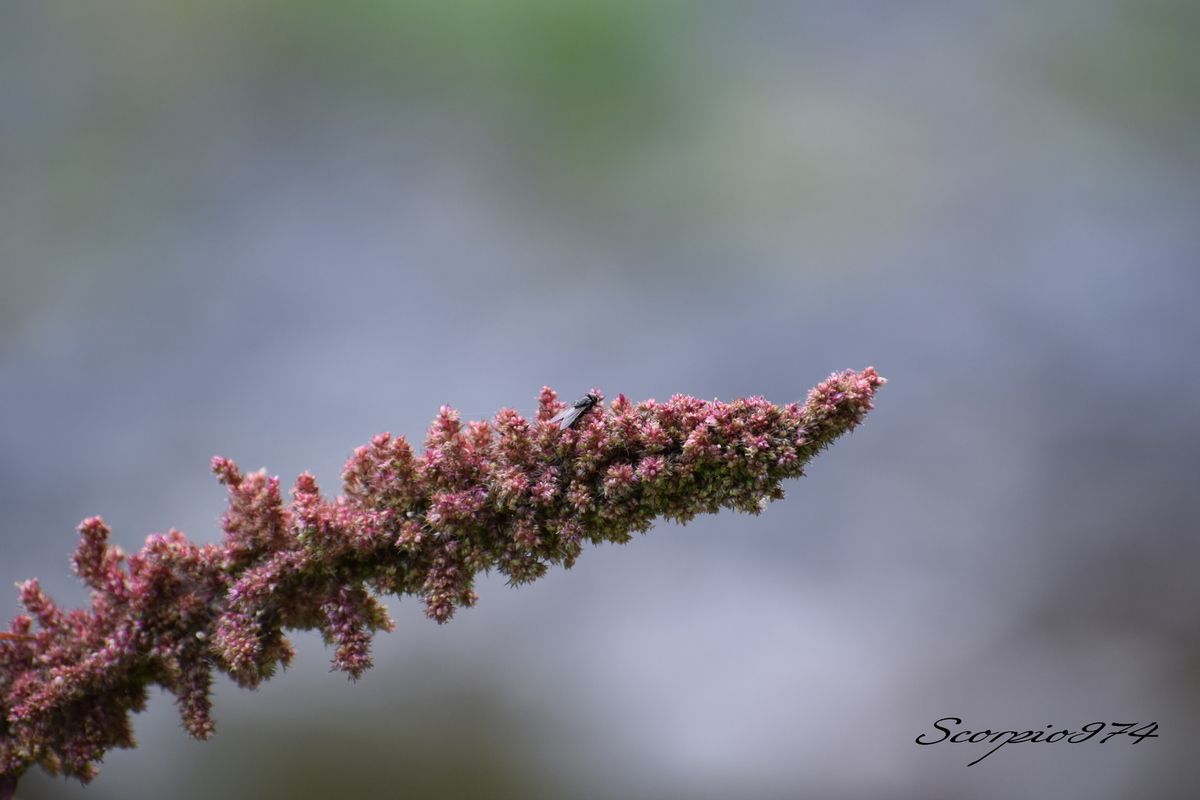 Nature, nature 974, nature Réunion, nature de la Réunion, nature à la Réunion, flore, flore 974, flore Réunion, flore de la Réunion, flore à la Réunion, introduite, introduite 974, introduite Réunion, introduite de la Réunion, introduite à la Réunion, introduites, introduites à la Réunion, introduites de la Réunion, introduites 974, introduites Réunion, espèce introduite,  espèce introduite 974,  espèce introduite Réunion,  espèce introduite de la Réunion,  espèce introduite à la Réunion, espèces introduites,  espèces introduites 974,  espèces introduites Réunion,  espèces introduites de la Réunion,  espèces introduites à la Réunion, flore introduite,  flore introduite 974,  flore introduite Réunion,  flore introduite de la Réunion,  flore introduite à la Réunion, fleur, fleur 974, fleur Réunion, fleur de la Réunion, fleur à la Réunion, fleurs, fleurs 974, fleurs Réunion, fleurs de la Réunion, fleurs à la Réunion, fleur rouge, fleur rouge 974, fleur rouge Réunion, fleur rouge de la Réunion, fleur rouge à la Réunion, fleurs rouges, fleurs rouges 974, fleurs rouges Réunion, fleurs rouges de la Réunion, fleurs rouges à la Réunion, petite fleur, petite fleur 974, petite fleur Réunion, petite fleur de la Réunion, petite fleur à la Réunion, petites fleurs, petites fleurs 974, petites fleurs de la Réunion, petites fleurs Réunion, petites fleurs à la Réunion, petite fleur rouge, petite fleur rouge 974, petite fleur rouge Réunion, petite fleur rouge de la Réunion, petite fleur rouge à la Réunion, petites fleurs rouges, petites fleurs rouges 974, petites fleurs rouges Réunion, petites fleurs rouges de la Réunion, petites fleurs rouges à la Réunion, espèce florale envahissante, espèce florale envahissante 974, espèce florale envahissante Réunion, Espèce florale envahissante de la Réunion, espèce florale à la Réunion, espèces florales, espèces florales 974, espèces florales Réunion, espèces florales à la Réunion, espèces florales de la Réunion, espèces florales envahissantes, espèces florales envahissantes 974, espèces florales envahissantes Réunion, espèces florales envahissantes de la Réunion, espèces florales envahissantes à la Réunion, Fleurs, Fleurs 974, Fleurs Réunion, Fleurs à la Réunion, Fleurs de la Réunion, adventice, adventice 974, adventice Réunion, adventice de la Réunion, adventice à la Réunion, adventices, adventices 974, adventices Réunion, adventices de la Réunion, adventices à la Réunion, mauvaise herbe, mauvaise herbe 974, mauvaise herbe Réunion, mauvaise herbe de la Réunion, mauvaise herbe à la Réunion, mauvaises herbes, mauvaises herbes 974, mauvaises herbes 974, mauvaises herbes Réunion, mauvaises herbes à la Réunion, mauvaises herbes de la Réunion, toxique, toxique 974, toxique Réunion, toxique de la Réunion, toxique à la Réunion, toxiques, toxiques 974, toxiques de la Réunion, toxiques Réunion, toxiques à la Réunion,  Fleur toxique, Fleur toxique 974, Fleur toxique Réunion, Fleur toxique de la Réunion, Fleur toxique à la Réunion, Fleurs toxiques, Fleurs toxiques 974, Fleurs toxiques Réunion, Fleurs toxiques à la Réunion, Fleurs toxiques de la Réunion, adventice toxique, adventice toxique 974, adventice toxique Réunion, adventice toxique de la Réunion, adventice toxique à la Réunion, adventices toxiques, adventices toxiques 974, adventices toxiques Réunion, adventices toxiques de la Réunion, adventices toxiques à la Réunion, mauvaise herbe toxique, mauvaise herbe toxique 974, mauvaise herbe toxique Réunion, mauvaise herbe toxique de la Réunion, mauvaise herbe toxique à la Réunion, mauvaises herbes toxiques, mauvaises herbes toxiques 974, mauvaises herbes toxiques 974, mauvaises herbes toxiques Réunion, mauvaises herbes toxiques à la Réunion, mauvaises herbes toxiques de la Réunion, Caryophyllanae,  Caryophyllanae 974,  Caryophyllanae Réunion, Caryophyllanae de la Réunion,  Caryophyllanae à la Réunion, Caryophyllales,  Caryophyllales 974,  Caryophyllales Réunion,  Caryophyllales de la Réunion,  Caryophyllales à la Réunion, Amaranthaceae,  Amaranthaceae 974,  Amaranthaceae Réunion,  Amaranthaceae de la Réunion,  Amaranthaceae à la Réunion, Amaranthoideae,  Amaranthoideae 974,  Amaranthoideae Réunion,  Amaranthoideae de la Réunion,  Amaranthoideae à la Réunion, Amarantheae,  Amarantheae 974,  Amarantheae Réunion,  Amarantheae de la Réunion,  Amarantheae à la Réunion, Amaranthus,  Amaranthus 974,  Amaranthus Réunion,  Amaranthus de la Réunion,  Amaranthus à la Réunion,  Amaranthus cruentus,  Amaranthus cruentus 974,  Amaranthus cruentus Réunion,  Amaranthus cruentus de la Réunion,  Amaranthus cruentus à la Réunion,  Amaranthus cruentus L.,  Amaranthus cruentus L. 974, Amaranthus cruentus L. Réunion, Amaranthus cruentus L. de la Réunion, Amaranthus cruentus L. à la Réunion, Amaranthus cruentus L. 1759,  Amaranthus cruentus L. 1759 974,  Amaranthus cruentus L. 1759 Réunion,  Amaranthus cruentus L. 1759 à la Réunion,  Amaranthus cruentus L. 1759 de la Réunion,  Amaranthus cruentus (L., 1759), Amaranthus cruentus (L., 1759) 974, Amaranthus cruentus (L., 1759) Réunion, Amaranthus cruentus (L., 1759) de la Réunion, Amaranthus cruentus (L., 1759) à la Réunion,  Amaranthus, Amaranthus 974, Amaranthus Réunion, Amaranthus de la Réunion, Amaranthus à la Réunion, Amaranthus speciosus,  Amaranthus speciosus 974,  Amaranthus speciosus Réunion,  Amaranthus speciosus de la Réunion,  Amaranthus speciosus à la Réunion,  Amaranthus speciosus Sims., Amaranthus speciosus Sims. 974, Amaranthus speciosus Sims. Réunion, Amaranthus speciosus Sims. de la Réunion, Amaranthus speciosus Sims. à la Réunion, Amaranthus speciosus Sims. 1821, Amaranthus speciosus Sims. 1821 974, Amaranthus speciosus Sims. 1821 Réunion, Amaranthus speciosus Sims. 1821 de la Réunion, Amaranthus speciosus Sims. 1821 à la Réunion, Amaranthus speciosus (Sims., 1821), Amaranthus speciosus (Sims., 1821) 974, Amaranthus speciosus (Sims., 1821) Réunion, Amaranthus speciosus (Sims., 1821) de la Réunion, Amaranthus speciosus (Sims., 1821) à la Réunion, Amaranthus paniculatus,  Amaranthus paniculatus 974,  Amaranthus paniculatus Réunion,  Amaranthus paniculatus de la Réunion,  Amaranthus paniculatus à la Réunion,  Amaranthus paniculatus L., Amaranthus paniculatus L. 974, Amaranthus paniculatus L. Réunion, Amaranthus paniculatus L. de la Réunion, Amaranthus paniculatus L. à la Réunion, Amaranthus paniculatus L. 1763, Amaranthus paniculatus L. 1763 974, Amaranthus paniculatus L. 1763 Réunion, Amaranthus paniculatus L. 1763 de la Réunion, Amaranthus paniculatus L. 1763 à la Réunion, Amaranthus paniculatus (L., 1763), Amaranthus paniculatus (L., 1763) 974, Amaranthus paniculatus (L., 1763) Réunion, Amaranthus paniculatus (L., 1763) de la Réunion, Amaranthus paniculatus (L., 1763) à la Réunion, Amaranthus hybridus var. paniculatus,  Amaranthus hybridus var. paniculatus 974,  Amaranthus hybridus var. paniculatus Réunion,  Amaranthus hybridus var. paniculatus de la Réunion,  Amaranthus hybridus var. paniculatus à la Réunion,  Amaranthus hybridus var. paniculatus (L.) P.Fourn., Amaranthus hybridus var. paniculatus (L.) P.Fourn. 974, Amaranthus hybridus var. paniculatus (L.) P.Fourn. Réunion, Amaranthus hybridus var. paniculatus (L.) P.Fourn. de la Réunion, Amaranthus hybridus var. paniculatus (L.) P.Fourn. à la Réunion, Amaranthus hybridus var. paniculatus (L.) P.Fourn. 1936, Amaranthus hybridus var. paniculatus (L.) P.Fourn. 1936 974, Amaranthus hybridus var. paniculatus (L.) P.Fourn. 1936 Réunion, Amaranthus hybridus var. paniculatus (L.) P.Fourn. 1936 de la Réunion, Amaranthus hybridus var. paniculatus (L.) P.Fourn. 1936 à la Réunion, Amaranthus hybridus var. paniculatus ((L.) P.Fourn., 1936), Amaranthus hybridus var. paniculatus ((L.) P.Fourn., 1936) 974, Amaranthus hybridus var. paniculatus ((L.) P.Fourn., 1936) Réunion, Amaranthus hybridus var. paniculatus ((L.) P.Fourn., 1936) de la Réunion, Amaranthus hybridus var. paniculatus ((L.) P.Fourn., 1936) à la Réunion, Amaranthus hybridus subsp. paniculatus,  Amaranthus hybridus subsp. paniculatus 974,  Amaranthus hybridus subsp. paniculatus Réunion,  Amaranthus hybridus subsp. paniculatus de la Réunion,  Amaranthus hybridus subsp. paniculatus à la Réunion,  Amaranthus hybridus subsp. paniculatus (L.) Hejný, Amaranthus hybridus subsp. paniculatus (L.) Hejný 974, Amaranthus hybridus subsp. paniculatus (L.) Hejný Réunion, Amaranthus hybridus subsp. paniculatus (L.) Hejný de la Réunion, Amaranthus hybridus subsp. paniculatus (L.) Hejný à la Réunion, Amaranthus hybridus subsp. paniculatus (L.) Hejný 1948, Amaranthus hybridus subsp. paniculatus (L.) Hejný 1948 974, Amaranthus hybridus subsp. paniculatus (L.) Hejný 1948 Réunion, Amaranthus hybridus subsp. paniculatus (L.) Hejný 1948 de la Réunion, Amaranthus hybridus subsp. paniculatus (L.) Hejný 1948 à la Réunion, Amaranthus hybridus subsp. paniculatus ((L.) Hejný, 1948), Amaranthus hybridus subsp. paniculatus ((L.) Hejný, 1948) 974, Amaranthus hybridus subsp. paniculatus ((L.) Hejný, 1948) Réunion, Amaranthus hybridus subsp. paniculatus ((L.) Hejný, 1948) de la Réunion, Amaranthus hybridus subsp. paniculatus ((L.) Hejný, 1948) à la Réunion, s hybridus subsp. cruentus Réunion,  Amaranthus hybridus subsp. cruentus de la Réunion,  Amaranthus hybridus subsp. cruentus à la Réunion,  Amaranthus hybridus subsp. cruentus (L.) Thell., Amaranthus hybridus subsp. cruentus (L.) Thell. 974, Amaranthus hybridus subsp. cruentus (L.) Thell. Réunion, Amaranthus hybridus subsp. cruentus (L.) Thell. de la Réunion, Amaranthus hybridus subsp. cruentus (L.) Thell. à la Réunion, Amaranthus hybridus subsp. cruentus (L.) Thell. 1912, Amaranthus hybridus subsp. cruentus (L.) Thell. 1912 974, Amaranthus hybridus subsp. cruentus (L.) Thell. 1912 Réunion, Amaranthus hybridus subsp. cruentus (L.) Thell. 1912 de la Réunion, Amaranthus hybridus subsp. cruentus (L.) Thell. 1912 à la Réunion, Amaranthus hybridus subsp. cruentus ((L.) Thell., 1912), Amaranthus hybridus subsp. cruentus ((L.) Thell., 1912) 974, Amaranthus hybridus subsp. cruentus ((L.) Thell., 1912) Réunion, Amaranthus hybridus subsp. cruentus ((L.) Thell., 1912) de la Réunion, Amaranthus hybridus subsp. cruentus ((L.) Thell., 1912) à la Réunion, Amaranthus cruentus subsp. paniculatus,  Amaranthus cruentus subsp. paniculatus 974,  Amaranthus cruentus subsp. paniculatus Réunion,  Amaranthus cruentus subsp. paniculatus de la Réunion,  Amaranthus cruentus subsp. paniculatus à la Réunion,  Amaranthus cruentus subsp. paniculatus (L.) Hejný., Amaranthus cruentus subsp. paniculatus (L.) Hejný. 974, Amaranthus cruentus subsp. paniculatus (L.) Hejný. Réunion, Amaranthus cruentus subsp. paniculatus (L.) Hejný. de la Réunion, Amaranthus cruentus subsp. paniculatus (L.) Hejný. à la Réunion, Purple Amaranth, Amarante étalée,  Amarante étalée 974,  Amarante étalée Réunion,  Amarante étalée de la Réunion,  Amarante étalée à la Réunion, 