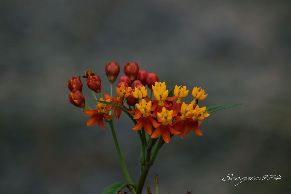 Nature, Nature 974, Nature de la Réunion, Nature à la Réunion, Flore, Flore 974, Flore Réunion, Flore de la Réunion, Flore à la Réunion, Flore indigène, Flore indigène 974, Flore indigène Réunion, Flore indigène de la Réunion, Flore indigène à la Réunion, Fleur, Fleur 974,  Fleur Réunion, Fleur de la Réunion, fleur à la Réunion, fleurs, fleurs 974, fleurs Réunion, fleurs de la Réunion, fleurs à la Réunion, fleur jaune, fleur jaune 974,  fleur jaune Réunion, fleur jaune de la Réunion, fleur jaune à la Réunion, fleur orangée, fleur orangée 974,  fleur orangée Réunion, fleur orangée de la Réunion, fleur orangée à la Réunion, fleur rouge, fleur rouge 974,  fleur rouge Réunion, fleur rouge de la Réunion, fleur rouge à la Réunion, fleur jaune et rouge, fleur jaune et rouge 974,  fleur jaune et rouge Réunion, fleur jaune et rouge de la Réunion, fleur jaune et rouge à la Réunion, fleur orangée et rouge, fleur orangée et rouge 974,  fleur orangée et rouge Réunion, fleur orangée et rouge de la Réunion, fleur orangée et rouge à la Réunion, fleur jaune et orangée, fleur jaune et orangée 974,  fleur jaune et orangée Réunion, fleur jaune et orangée de la Réunion, fleur jaune et orangée à la Réunion, espèce florale, espèce florale 974,  espèce florale Réunion, espèce florale de la Réunion, espèce florale à la Réunion,espèce florale jaune, espèce florale jaune 974,  espèce florale jaune Réunion, espèce florale jaune de la Réunion, espèce florale jaune à la Réunion, espèce florale orangée, espèce florale orangée 974,  espèce florale orangée Réunion, espèce florale orangée de la Réunion, espèce florale orangée à la Réunion, espèce florale rouge, espèce florale rouge 974,  espèce florale rouge Réunion, espèce florale rouge de la Réunion, espèce florale rouge à la Réunion, espèce florale jaune et rouge, espèce florale jaune et rouge 974,  espèce florale jaune et rouge Réunion, espèce florale jaune et rouge de la Réunion, espèce florale jaune et rouge à la Réunion, espèce florale orangée et rouge, espèce florale orangée et rouge 974,  espèce florale orangée et rouge Réunion, espèce florale orangée et rouge de la Réunion, espèce florale orangée et rouge à la Réunion, espèce florale jaune et orangée, espèce florale jaune et orangée 974,  espèce florale jaune et orangée Réunion, espèce florale jaune et orangée de la Réunion, espèce florale jaune et orangée à la Réunion, petite fleur, petite fleur 974,  petite fleur Réunion, petite fleur de la Réunion, petite fleur à la Réunion,petite fleur jaune, petite fleur jaune 974,  petite fleur jaune Réunion, petite fleur jaune de la Réunion, petite fleur jaune à la Réunion, petite fleur orangée, petite fleur orangée 974,  petite fleur orangée Réunion, petite fleur orangée de la Réunion, petite fleur orangée à la Réunion, petite fleur rouge, petite fleur rouge 974,  petite fleur rouge Réunion, petite fleur rouge de la Réunion, petite fleur rouge à la Réunion, petite fleur jaune et rouge, petite fleur jaune et rouge 974,  petite fleur jaune et rouge Réunion, petite fleur jaune et rouge de la Réunion, petite fleur jaune et rouge à la Réunion, petite fleur orangée et rouge, petite fleur orangée et rouge 974,  petite fleur orangée et rouge Réunion, petite fleur orangée et rouge de la Réunion, petite fleur orangée et rouge à la Réunion, petite fleur jaune et orangée, petite fleur jaune et orangée 974,  petite fleur jaune et orangée Réunion, petite fleur jaune et orangée de la Réunion, petite fleur jaune et orangée à la Réunion, fleurs jaunes, fleurs jaunes 974,  fleurs jaunes Réunion, fleurs jaunes de la Réunion, fleurs jaunes à la Réunion, fleurs orangées, fleurs orangées 974,  fleurs orangées Réunion, fleurs orangées de la Réunion, fleurs orangées à la Réunion, fleurs rouges, fleurs rouges 974,  fleurs rouges Réunion, fleurs rouges de la Réunion, fleurs rouges à la Réunion, fleurs jaunes et rouges, fleurs jaunes et rouges 974,  fleurs jaunes et rouges Réunion, fleurs jaunes et rouges de la Réunion, fleurs jaunes et rouges à la Réunion, fleurs orangées et rouges, fleurs orangées et rouges 974,  fleurs orangées et rouges Réunion, fleurs orangées et rouges de la Réunion, fleurs orangées et rouges à la Réunion, fleurs jaunes et orangées, fleurs jaunes et orangées 974,  fleurs jaunes et orangées Réunion, fleurs jaunes et orangées de la Réunion, fleurs jaunes et orangées à la Réunion, espèces florales, espèces florales 974,  espèces florales Réunion, espèces florales de la Réunion, espèces florales à la Réunion,espèces florales jaunes, espèces florales jaunes 974,  espèces florales jaunes Réunion, espèces florales jaunes de la Réunion, espèces florales jaunes à la Réunion, espèces florales orangées, espèces florales orangées 974,  espèces florales orangées Réunion, espèces florales orangées de la Réunion, espèces florales orangées à la Réunion, espèces florales rouges, espèces florales rouges 974,  espèces florales rouges Réunion, espèces florales rouges de la Réunion, espèces florales rouges à la Réunion, espèces florales jaunes et rouges, espèces florales jaunes et rouges 974,  espèces florales jaunes et rouges Réunion, espèces florales jaunes et rouges de la Réunion, espèces florales jaunes et rouges à la Réunion, espèces florales orangées et rouges, espèces florales orangées et rouges 974,  espèces florales orangées et rouges Réunion, espèces florales orangées et rouges de la Réunion, espèces florales orangées et rouges à la Réunion, espèces florales jaunes et orangées, espèces florales jaunes et orangées 974,  espèces florales jaunes et orangées Réunion, espèces florales jaunes et orangées de la Réunion, espèces florales jaunes et orangées à la Réunion, petites fleurs, petites fleurs 974,  petites fleurs Réunion, petites fleurs de la Réunion, petites fleurs à la Réunion,petites fleurs jaunes, petites fleurs jaunes 974,  petites fleurs jaunes Réunion, petites fleurs jaunes de la Réunion, petites fleurs jaunes à la Réunion, petites fleurs orangées, petites fleurs orangées 974,  petites fleurs orangées Réunion, petites fleurs orangées de la Réunion, petites fleurs orangées à la Réunion, petites fleurs rouges, petites fleurs rouges 974,  petites fleurs rouges Réunion, petites fleurs rouges de la Réunion, petites fleurs rouges à la Réunion, petites fleurs jaunes et rouges, petites fleurs jaunes et rouges 974,  petites fleurs jaunes et rouges Réunion, petites fleurs jaunes et rouges de la Réunion, petites fleurs jaunes et rouges à la Réunion, petites fleurs orangées et rouges, petites fleurs orangées et rouges 974,  petites fleurs orangées et rouges Réunion, petites fleurs orangées et rouges de la Réunion, petites fleurs orangées et rouges à la Réunion, petites fleurs jaunes et orangées, petites fleurs jaunes et orangées 974,  petites fleurs jaunes et orangées Réunion, petites fleurs jaunes et orangées de la Réunion, petites fleurs jaunes et orangées à la Réunion, Toxique, toxique 974, toxique Réunion, toxique de la Réunion, toxique à la Réunion, espèce toxique, espèce toxique 974, espèce toxique Réunion, espèce toxique de la Réunion, espèce toxique à la Réunion, espèce florale toxique, espèce florale toxique 974, espèce florale toxique Réunion, espèce florale toxique Réunion, espèce florale toxique de la Réunion, espèce florale toxique à la Réunion, fleur jaune toxique, fleur jaune toxique 974,  fleur jaune toxique Réunion, fleur jaune toxique de la Réunion, fleur jaune toxique à la Réunion, fleur orangée toxique, fleur orangée toxique 974,  fleur orangée toxique Réunion, fleur orangée toxique de la Réunion, fleur orangée toxique à la Réunion, fleur rouge toxique, fleur rouge toxique 974,  fleur rouge toxique Réunion, fleur rouge toxique de la Réunion, fleur rouge toxique à la Réunion, fleur jaune et rouge toxique, fleur jaune et rouge toxique 974,  fleur jaune et rouge toxique Réunion, fleur jaune et rouge toxique de la Réunion, fleur jaune et rouge toxique à la Réunion, fleur orangée  rouge toxique, fleur orangée  rouge toxique 974,  fleur orangée  rouge toxique Réunion, fleur orangée  rouge toxique de la Réunion, fleur orangée  rouge toxique à la Réunion, fleur jaune et orangée toxique, fleur jaune et orangée toxique 974,  fleur jaune et orangée toxique Réunion, fleur jaune et orangée toxique de la Réunion, fleur jaune et orangée toxique à la Réunion, espèce florale, espèce florale 974,  espèce florale Réunion, espèce florale de la Réunion, espèce florale à la Réunion,espèce florale jaune, espèce florale jaune 974,  espèce florale jaune Réunion, espèce florale jaune de la Réunion, espèce florale jaune à la Réunion, espèce florale orangée toxique, espèce florale orangée toxique 974,  espèce florale orangée toxique Réunion, espèce florale orangée toxique de la Réunion, espèce florale orangée toxique à la Réunion, espèce florale rouge toxique, espèce florale rouge toxique 974,  espèce florale rouge toxique Réunion, espèce florale rouge toxique de la Réunion, espèce florale rouge toxique à la Réunion, espèce florale jaune et rouge toxique, espèce florale jaune et rouge toxique 974,  espèce florale jaune et rouge toxique Réunion, espèce florale jaune et rouge toxique de la Réunion, espèce florale jaune et rouge toxique à la Réunion, espèce florale orangée  rouge toxique, espèce florale orangée  rouge toxique 974,  espèce florale orangée  rouge toxique Réunion, espèce florale orangée  rouge toxique de la Réunion, espèce florale orangée  rouge toxique à la Réunion, espèce florale jaune et orangée toxique, espèce florale jaune et orangée toxique 974,  espèce florale jaune et orangée toxique Réunion, espèce florale jaune et orangée toxique de la Réunion, espèce florale jaune et orangée toxique à la Réunion, petite fleur, petite fleur 974,  petite fleur Réunion, petite fleur de la Réunion, petite fleur à la Réunion,petite fleur jaune, petite fleur jaune 974,  petite fleur jaune Réunion, petite fleur jaune de la Réunion, petite fleur jaune à la Réunion, petite fleur orangée toxique, petite fleur orangée toxique 974,  petite fleur orangée toxique Réunion, petite fleur orangée toxique de la Réunion, petite fleur orangée toxique à la Réunion, petite fleur rouge toxique, petite fleur rouge toxique 974,  petite fleur rouge toxique Réunion, petite fleur rouge toxique de la Réunion, petite fleur rouge toxique à la Réunion, petite fleur jaune et rouge toxique, petite fleur jaune et rouge toxique 974,  petite fleur jaune et rouge toxique Réunion, petite fleur jaune et rouge toxique de la Réunion, petite fleur jaune et rouge toxique à la Réunion, petite fleur orangée  rouge toxique, petite fleur orangée  rouge toxique 974,  petite fleur orangée  rouge toxique Réunion, petite fleur orangée  rouge toxique de la Réunion, petite fleur orangée  rouge toxique à la Réunion, petite fleur jaune et orangée toxique, petite fleur jaune et orangée toxique 974,  petite fleur jaune et orangée toxique Réunion, petite fleur jaune et orangée toxique de la Réunion, petite fleur jaune et orangée toxique à la Réunion, toxiques, toxiques 974, toxiques Réunion, toxiques de la Réunion, toxiques à la Réunion, espèces toxiques, espèces toxiques 974, espèces toxiques Réunion, espèces toxiques de la Réunion, espèces toxiques à la Réunion, espèces florales toxiques, espèces florales toxiques 974, espèces florales toxiques Réunion, espèces florales toxiques Réunion, espèces florales toxiques de la Réunion, espèces florales toxiques à la Réunion, fleurs jaunes toxiques, fleurs jaunes toxiques 974, fleurs jaunes toxiques Réunion, fleurs jaunes toxiques de la Réunion, fleurs jaunes toxiques à la Réunion, fleurs orangées toxiques, fleurs orangées toxiques 974, fleurs orangées toxiques Réunion, fleurs orangées toxiques de la Réunion, fleurs orangées toxiques à la Réunion, fleurs rouges toxiques, fleurs rouges toxiques 974, fleurs rouges toxiques Réunion, fleurs rouges toxiques de la Réunion, fleurs rouges toxiques à la Réunion, fleurs jaunes et rouges toxiques, fleurs jaunes et rouges toxiques 974, fleurs jaunes et rouges toxiques Réunion, fleurs jaunes et rouges toxiques de la Réunion, fleurs jaunes et rouges toxiques à la Réunion, fleurs orangées rouges toxiques, fleurs orangées rouges toxiques 974, fleurs orangées rouges toxiques Réunion, fleurs orangées rouges toxiques de la Réunion, fleurs orangées rouges toxiques à la Réunion, fleurs jaunes et orangées toxiques, fleurs jaunes et orangées toxiques 974, fleurs jaunes et orangées toxiques Réunion, fleurs jaunes et orangées toxiques de la Réunion, fleurs jaunes et orangées toxiques à la Réunion, espèces florales, espèces florales 974, espèces florales Réunion, espèces florales de la Réunion, espèces florales à la Réunion,espèces florales jaunes, espèces florales jaunes 974, espèces florales jaunes Réunion, espèces florales jaunes de la Réunion, espèces florales jaunes à la Réunion, espèces florales orangées toxiques, espèces florales orangées toxiques 974, espèces florales orangées toxiques Réunion, espèces florales orangées toxiques de la Réunion, espèces florales orangées toxiques à la Réunion, espèces florales rouges toxiques, espèces florales rouges toxiques 974, espèces florales rouges toxiques Réunion, espèces florales rouges toxiques de la Réunion, espèces florales rouges toxiques à la Réunion, espèces florales jaunes et rouges toxiques, espèces florales jaunes et rouges toxiques 974, espèces florales jaunes et rouges toxiques Réunion, espèces florales jaunes et rouges toxiques de la Réunion, espèces florales jaunes et rouges toxiques à la Réunion, espèces florales orangées rouges toxiques, espèces florales orangées rouges toxiques 974, espèces florales orangées rouges toxiques Réunion, espèces florales orangées rouges toxiques de la Réunion, espèces florales orangées rouges toxiques à la Réunion, espèces florales jaunes et orangées toxiques, espèces florales jaunes et orangées toxiques 974, espèces florales jaunes et orangées toxiques Réunion, espèces florales jaunes et orangées toxiques de la Réunion, espèces florales jaunes et orangées toxiques à la Réunion, petites fleurs, petites fleurs 974, petites fleurs Réunion, petites fleurs de la Réunion, petites fleurs à la Réunion,petites fleurs jaunes, petites fleurs jaunes 974, petites fleurs jaunes Réunion, petites fleurs jaunes de la Réunion, petites fleurs jaunes à la Réunion, petites fleurs orangées toxiques, petites fleurs orangées toxiques 974, petites fleurs orangées toxiques Réunion, petites fleurs orangées toxiques de la Réunion, petites fleurs orangées toxiques à la Réunion, petites fleurs rouges toxiques, petites fleurs rouges toxiques 974, petites fleurs rouges toxiques Réunion, petites fleurs rouges toxiques de la Réunion, petites fleurs rouges toxiques à la Réunion, petites fleurs jaunes et rouges toxiques, petites fleurs jaunes et rouges toxiques 974, petites fleurs jaunes et rouges toxiques Réunion, petites fleurs jaunes et rouges toxiques de la Réunion, petites fleurs jaunes et rouges toxiques à la Réunion, petites fleurs orangées rouges toxiques, petites fleurs orangées rouges toxiques 974, petites fleurs orangées rouges toxiques Réunion, petites fleurs orangées rouges toxiques de la Réunion, petites fleurs orangées rouges toxiques à la Réunion, petites fleurs jaunes et orangées toxiques, petites fleurs jaunes et orangées toxiques 974, petites fleurs jaunes et orangées toxiques Réunion, petites fleurs jaunes et orangées toxiques de la Réunion, petites fleurs jaunes et orangées toxiques à la Réunion, potentiellement envahissantes, potentiellement envahissantes 974, potentiellement envahissantes Réunion, potentiellement envahissantes de la Réunion, potentiellement envahissantes à la Réunion, espèces potentiellement envahissantes, espèces potentiellement envahissantes 974, espèces potentiellement envahissantes Réunion, espèces potentiellement envahissantes de la Réunion, espèces potentiellement envahissantes à la Réunion, espèces florales potentiellement envahissantes, espèces florales potentiellement envahissantes 974, espèces florales potentiellement envahissantes Réunion, espèces florales potentiellement envahissantes Réunion, espèces florales potentiellement envahissantes de la Réunion, espèces florales potentiellement envahissantes à la Réunion, fleurs jaunes potentiellement envahissantes, fleurs jaunes potentiellement envahissantes 974, fleurs jaunes potentiellement envahissantes Réunion, fleurs jaunes potentiellement envahissantes de la Réunion, fleurs jaunes potentiellement envahissantes à la Réunion, fleurs orangées potentiellement envahissantes, fleurs orangées potentiellement envahissantes 974, fleurs orangées potentiellement envahissantes Réunion, fleurs orangées potentiellement envahissantes de la Réunion, fleurs orangées potentiellement envahissantes à la Réunion, fleurs rouges potentiellement envahissantes, fleurs rouges potentiellement envahissantes 974, fleurs rouges potentiellement envahissantes Réunion, fleurs rouges potentiellement envahissantes de la Réunion, fleurs rouges potentiellement envahissantes à la Réunion, fleurs jaunes et rouges potentiellement envahissantes, fleurs jaunes et rouges potentiellement envahissantes 974, fleurs jaunes et rouges potentiellement envahissantes Réunion, fleurs jaunes et rouges potentiellement envahissantes de la Réunion, fleurs jaunes et rouges potentiellement envahissantes à la Réunion, fleurs orangées rouges potentiellement envahissantes, fleurs orangées rouges potentiellement envahissantes 974, fleurs orangées rouges potentiellement envahissantes Réunion, fleurs orangées rouges potentiellement envahissantes de la Réunion, fleurs orangées rouges potentiellement envahissantes à la Réunion, fleurs jaunes et orangées potentiellement envahissantes, fleurs jaunes et orangées potentiellement envahissantes 974, fleurs jaunes et orangées potentiellement envahissantes Réunion, fleurs jaunes et orangées potentiellement envahissantes de la Réunion, fleurs jaunes et orangées potentiellement envahissantes à la Réunion, espèces florales, espèces florales 974, espèces florales Réunion, espèces florales de la Réunion, espèces florales à la Réunion,espèces florales jaunes, espèces florales jaunes 974, espèces florales jaunes Réunion, espèces florales jaunes de la Réunion, espèces florales jaunes à la Réunion, espèces florales orangées potentiellement envahissantes, espèces florales orangées potentiellement envahissantes 974, espèces florales orangées potentiellement envahissantes Réunion, espèces florales orangées potentiellement envahissantes de la Réunion, espèces florales orangées potentiellement envahissantes à la Réunion, espèces florales rouges potentiellement envahissantes, espèces florales rouges potentiellement envahissantes 974, espèces florales rouges potentiellement envahissantes Réunion, espèces florales rouges potentiellement envahissantes de la Réunion, espèces florales rouges potentiellement envahissantes à la Réunion, espèces florales jaunes et rouges potentiellement envahissantes, espèces florales jaunes et rouges potentiellement envahissantes 974, espèces florales jaunes et rouges potentiellement envahissantes Réunion, espèces florales jaunes et rouges potentiellement envahissantes de la Réunion, espèces florales jaunes et rouges potentiellement envahissantes à la Réunion, espèces florales orangées rouges potentiellement envahissantes, espèces florales orangées rouges potentiellement envahissantes 974, espèces florales orangées rouges potentiellement envahissantes Réunion, espèces florales orangées rouges potentiellement envahissantes de la Réunion, espèces florales orangées rouges potentiellement envahissantes à la Réunion, espèces florales jaunes et orangées potentiellement envahissantes, espèces florales jaunes et orangées potentiellement envahissantes 974, espèces florales jaunes et orangées potentiellement envahissantes Réunion, espèces florales jaunes et orangées potentiellement envahissantes de la Réunion, espèces florales jaunes et orangées potentiellement envahissantes à la Réunion, petites fleurs, petites fleurs 974, petites fleurs Réunion, petites fleurs de la Réunion, petites fleurs à la Réunion,petites fleurs jaunes, petites fleurs jaunes 974, petites fleurs jaunes Réunion, petites fleurs jaunes de la Réunion, petites fleurs jaunes à la Réunion, petites fleurs orangées potentiellement envahissantes, petites fleurs orangées potentiellement envahissantes 974, petites fleurs orangées potentiellement envahissantes Réunion, petites fleurs orangées potentiellement envahissantes de la Réunion, petites fleurs orangées potentiellement envahissantes à la Réunion, petites fleurs rouges potentiellement envahissantes, petites fleurs rouges potentiellement envahissantes 974, petites fleurs rouges potentiellement envahissantes Réunion, petites fleurs rouges potentiellement envahissantes de la Réunion, petites fleurs rouges potentiellement envahissantes à la Réunion, petites fleurs jaunes et rouges potentiellement envahissantes, petites fleurs jaunes et rouges potentiellement envahissantes 974, petites fleurs jaunes et rouges potentiellement envahissantes Réunion, petites fleurs jaunes et rouges potentiellement envahissantes de la Réunion, petites fleurs jaunes et rouges potentiellement envahissantes à la Réunion, petites fleurs orangées rouges potentiellement envahissantes, petites fleurs orangées rouges potentiellement envahissantes 974, petites fleurs orangées rouges potentiellement envahissantes Réunion, petites fleurs orangées rouges potentiellement envahissantes de la Réunion, petites fleurs orangées rouges potentiellement envahissantes à la Réunion, petites fleurs jaunes et orangées potentiellement envahissantes, petites fleurs jaunes et orangées potentiellement envahissantes 974, petites fleurs jaunes et orangées potentiellement envahissantes Réunion, petites fleurs jaunes et orangées potentiellement envahissantes de la Réunion, petites fleurs jaunes et orangées potentiellement envahissantes à la Réunion, potentiellement envahissantes et toxiques, potentiellement envahissantes et toxiques 974, potentiellement envahissantes et toxiques Réunion, potentiellement envahissantes et toxiques de la Réunion, potentiellement envahissantes et toxiques à la Réunion, espèces potentiellement envahissantes et toxiques, espèces potentiellement envahissantes et toxiques 974, espèces potentiellement envahissantes et toxiques Réunion, espèces potentiellement envahissantes et toxiques de la Réunion, espèces potentiellement envahissantes et toxiques à la Réunion, espèces florales potentiellement envahissantes et toxiques, espèces florales potentiellement envahissantes et toxiques 974, espèces florales potentiellement envahissantes et toxiques Réunion, espèces florales potentiellement envahissantes et toxiques Réunion, espèces florales potentiellement envahissantes et toxiques de la Réunion, espèces florales potentiellement envahissantes et toxiques à la Réunion, fleurs jaunes potentiellement envahissantes et toxiques, fleurs jaunes potentiellement envahissantes et toxiques 974, fleurs jaunes potentiellement envahissantes et toxiques Réunion, fleurs jaunes potentiellement envahissantes et toxiques de la Réunion, fleurs jaunes potentiellement envahissantes et toxiques à la Réunion, fleurs orangées potentiellement envahissantes et toxiques, fleurs orangées potentiellement envahissantes et toxiques 974, fleurs orangées potentiellement envahissantes et toxiques Réunion, fleurs orangées potentiellement envahissantes et toxiques de la Réunion, fleurs orangées potentiellement envahissantes et toxiques à la Réunion, fleurs rouges potentiellement envahissantes et toxiques, fleurs rouges potentiellement envahissantes et toxiques 974, fleurs rouges potentiellement envahissantes et toxiques Réunion, fleurs rouges potentiellement envahissantes et toxiques de la Réunion, fleurs rouges potentiellement envahissantes et toxiques à la Réunion, fleurs jaunes et rouges potentiellement envahissantes et toxiques, fleurs jaunes et rouges potentiellement envahissantes et toxiques 974, fleurs jaunes et rouges potentiellement envahissantes et toxiques Réunion, fleurs jaunes et rouges potentiellement envahissantes et toxiques de la Réunion, fleurs jaunes et rouges potentiellement envahissantes et toxiques à la Réunion, fleurs orangées rouges potentiellement envahissantes et toxiques, fleurs orangées rouges potentiellement envahissantes et toxiques 974, fleurs orangées rouges potentiellement envahissantes et toxiques Réunion, fleurs orangées rouges potentiellement envahissantes et toxiques de la Réunion, fleurs orangées rouges potentiellement envahissantes et toxiques à la Réunion, fleurs jaunes et orangées potentiellement envahissantes et toxiques, fleurs jaunes et orangées potentiellement envahissantes et toxiques 974, fleurs jaunes et orangées potentiellement envahissantes et toxiques Réunion, fleurs jaunes et orangées potentiellement envahissantes et toxiques de la Réunion, fleurs jaunes et orangées potentiellement envahissantes et toxiques à la Réunion, espèces florales, espèces florales 974, espèces florales Réunion, espèces florales de la Réunion, espèces florales à la Réunion,espèces florales jaunes, espèces florales jaunes 974, espèces florales jaunes Réunion, espèces florales jaunes de la Réunion, espèces florales jaunes à la Réunion,, petite fleur orangée rouges adventice potentiellement envahissante et toxique, petite fleur orangée rouges adventice potentiellement envahissante et toxique 974, petite fleur orangée rouges adventice potentiellement envahissante et toxique Réunion, petite fleur orangée rouges adventice potentiellement envahissante et toxique de la Réunion, petite fleur orangée rouges adventice potentiellement envahissante et toxique à la Réunion, petite fleur jaune et orangée  adventice potentiellement envahissante et toxique, petite fleur jaune et orangée  adventice potentiellement envahissante et toxique 974, petite fleur jaune et orangée  adventice potentiellement envahissante et toxique Réunion, petite fleur jaune et orangée  adventice potentiellement envahissante et toxique de la Réunion, petite fleur jaune et orangée  adventice potentiellement envahissante et toxique à la Réunion, fleur rouge, fleur rouge écarlate 974,  fleur rouge écarlate Réunion, fleur rouge écarlate de la Réunion, fleur rouge écarlate à la Réunion, fleur jaune et rouge, fleur jaune et rouge écarlate 974,  fleur jaune et rouge écarlate Réunion, fleur jaune et rouge écarlate de la Réunion, fleur jaune et rouge écarlate à la Réunion, fleur orangée et rouge, fleur orangée et rouge écarlate 974,  fleur orangée et rouge écarlate Réunion, fleur orangée et rouge écarlate de la Réunion, fleur orangée et rouge écarlate à la Réunion, espèce florale rouge, espèce florale rouge écarlate 974,  espèce florale rouge écarlate Réunion, espèce florale rouge écarlate de la Réunion, espèce florale rouge écarlate à la Réunion, espèce florale jaune et rouge, espèce florale jaune et rouge écarlate 974,  espèce florale jaune et rouge écarlate Réunion, espèce florale jaune et rouge écarlate de la Réunion, espèce florale jaune et rouge écarlate à la Réunion, espèce florale orangée et rouge, espèce florale orangée et rouge écarlate 974,  espèce florale orangée et rouge écarlate Réunion, espèce florale orangée et rouge écarlate de la Réunion, espèce florale orangée et rouge écarlate à la Réunion, petite fleur rouge, petite fleur rouge écarlate 974,  petite fleur rouge écarlate Réunion, petite fleur rouge écarlate de la Réunion, petite fleur rouge écarlate à la Réunion, petite fleur jaune et rouge, petite fleur jaune et rouge écarlate 974,  petite fleur jaune et rouge écarlate Réunion, petite fleur jaune et rouge écarlate de la Réunion, petite fleur jaune et rouge écarlate à la Réunion, petite fleur orangée et rouge, petite fleur orangée et rouge écarlate 974,  petite fleur orangée et rouge écarlate Réunion, petite fleur orangée et rouge écarlate de la Réunion, petite fleur orangée et rouge écarlate à la Réunion, fleurs rouges écarlates, fleurs rouges écarlates 974,  fleurs rouges écarlates Réunion, fleurs rouges écarlates de la Réunion, fleurs rouges écarlates à la Réunion, fleurs jaunes et rouges écarlates, fleurs jaunes et rouges écarlates 974,  fleurs jaunes et rouges écarlates Réunion, fleurs jaunes et rouges écarlates de la Réunion, fleurs jaunes et rouges écarlates à la Réunion, fleurs orangées et rouges écarlates, fleurs orangées et rouges écarlates 974,  fleurs orangées et rouges écarlates Réunion, fleurs orangées et rouges écarlates de la Réunion, fleurs orangées et rouges écarlates à la Réunion, espèces florales rouges écarlates, espèces florales rouges écarlates 974,  espèces florales rouges écarlates Réunion, espèces florales rouges écarlates de la Réunion, espèces florales rouges écarlates à la Réunion, espèces florales jaunes et rouges écarlates, espèces florales jaunes et rouges écarlates 974,  espèces florales jaunes et rouges écarlates Réunion, espèces florales jaunes et rouges écarlates de la Réunion, espèces florales jaunes et rouges écarlates à la Réunion, espèces florales orangées et rouges écarlates, espèces florales orangées et rouges écarlates 974,  espèces florales orangées et rouges écarlates Réunion, espèces florales orangées et rouges écarlates de la Réunion, espèces florales orangées et rouges écarlates à la Réunion, petites fleurs rouges écarlates, petites fleurs rouges écarlates 974,  petites fleurs rouges écarlates Réunion, petites fleurs rouges écarlates de la Réunion, petites fleurs rouges écarlates à la Réunion, petites fleurs jaunes et rouges écarlates, petites fleurs jaunes et rouges écarlates 974,  petites fleurs jaunes et rouges écarlates Réunion, petites fleurs jaunes et rouges écarlates de la Réunion, petites fleurs jaunes et rouges écarlates à la Réunion, petites fleurs orangées et rouges écarlates, petites fleurs orangées et rouges écarlates 974,  petites fleurs orangées et rouges écarlates Réunion, petites fleurs orangées et rouges écarlates de la Réunion, petites fleurs orangées et rouges écarlates à la Réunion, fleur rouge écarlate toxique 974,  fleur rouge écarlate toxique Réunion, fleur rouge écarlate toxique de la Réunion, fleur rouge écarlate toxique à la Réunion, fleur jaune et rouge écarlate toxique, fleur jaune et rouge écarlate toxique 974,  fleur jaune et rouge écarlate toxique Réunion, fleur jaune et rouge écarlate toxique de la Réunion, fleur jaune et rouge écarlate toxique à la Réunion, fleur orangée  rouge écarlate toxique, fleur orangée  rouge écarlate toxique 974,  fleur orangée  rouge écarlate toxique Réunion, fleur orangée  rouge écarlate toxique de la Réunion, fleur orangée  rouge écarlate toxique à la Réunion, espèce florale rouge écarlate toxique, espèce florale rouge écarlate toxique 974,  espèce florale rouge écarlate toxique Réunion, espèce florale rouge écarlate toxique de la Réunion, espèce florale rouge écarlate toxique à la Réunion, espèce florale jaune et rouge écarlate toxique, espèce florale jaune et rouge écarlate toxique 974,  espèce florale jaune et rouge écarlate toxique Réunion, espèce florale jaune et rouge écarlate toxique de la Réunion, espèce florale jaune et rouge écarlate toxique à la Réunion, espèce florale orangée  rouge écarlate toxique, espèce florale orangée  rouge écarlate toxique 974,  espèce florale orangée  rouge écarlate toxique Réunion, espèce florale orangée  rouge écarlate toxique de la Réunion, espèce florale orangée  rouge écarlate toxique à la Réunion, petite fleur rouge écarlate toxique, petite fleur rouge écarlate toxique 974,  petite fleur rouge écarlate toxique Réunion, petite fleur rouge écarlate toxique de la Réunion, petite fleur rouge écarlate toxique à la Réunion, petite fleur jaune et rouge écarlate toxique, petite fleur jaune et rouge écarlate toxique 974,  petite fleur jaune et rouge écarlate toxique Réunion, petite fleur jaune et rouge écarlate toxique de la Réunion, petite fleur jaune et rouge écarlate toxique à la Réunion, petite fleur orangée  rouge écarlate toxique, petite fleur orangée  rouge écarlate toxique 974,  petite fleur orangée  rouge écarlate toxique Réunion, petite fleur orangée  rouge écarlate toxique de la Réunion, petite fleur orangée  rouge écarlate toxique à la Réunion, fleurs rouges écarlates toxiques, fleurs rouges écarlates toxiques 974, fleurs rouges écarlates toxiques Réunion, fleurs rouges écarlates toxiques de la Réunion, fleurs rouges écarlates toxiques à la Réunion, fleurs jaunes et rouges écarlates toxiques, fleurs jaunes et rouges écarlates toxiques 974, fleurs jaunes et rouges écarlates toxiques Réunion, fleurs jaunes et rouges écarlates toxiques de la Réunion, fleurs jaunes et rouges écarlates toxiques à la Réunion, fleurs orangées rouges écarlates toxiques, fleurs orangées rouges écarlates toxiques 974, fleurs orangées rouges écarlates toxiques Réunion, fleurs orangées rouges écarlates toxiques de la Réunion, fleurs orangées rouges écarlates toxiques à la Réunion, espèces florales rouges écarlates toxiques, espèces florales rouges écarlates toxiques 974, espèces florales rouges écarlates toxiques Réunion, espèces florales rouges écarlates toxiques de la Réunion, espèces florales rouges écarlates toxiques à la Réunion, espèces florales jaunes et rouges écarlates toxiques, espèces florales jaunes et rouges écarlates toxiques 974, espèces florales jaunes et rouges écarlates toxiques Réunion, espèces florales jaunes et rouges écarlates toxiques de la Réunion, espèces florales jaunes et rouges écarlates toxiques à la Réunion, espèces florales orangées rouges écarlates toxiques, espèces florales orangées rouges écarlates toxiques 974, espèces florales orangées rouges écarlates toxiques Réunion, espèces florales orangées rouges écarlates toxiques de la Réunion, espèces florales orangées rouges écarlates toxiques à la Réunion, etites fleurs rouges écarlates toxiques, petites fleurs rouges écarlates toxiques 974, petites fleurs rouges écarlates toxiques Réunion, petites fleurs rouges écarlates toxiques de la Réunion, petites fleurs rouges écarlates toxiques à la Réunion, petites fleurs jaunes et rouges écarlates toxiques, petites fleurs jaunes et rouges écarlates toxiques 974, petites fleurs jaunes et rouges écarlates toxiques Réunion, petites fleurs jaunes et rouges écarlates toxiques de la Réunion, petites fleurs jaunes et rouges écarlates toxiques à la Réunion, petites fleurs orangées rouges écarlates toxiques, petites fleurs orangées rouges écarlates toxiques 974, petites fleurs orangées rouges écarlates toxiques Réunion, petites fleurs orangées rouges écarlates toxiques de la Réunion, fleurs rouges écarlates potentiellement envahissantes, fleurs rouges écarlates potentiellement envahissantes 974, fleurs rouges écarlates potentiellement envahissantes Réunion, fleurs rouges écarlates potentiellement envahissantes de la Réunion, fleurs rouges écarlates potentiellement envahissantes à la Réunion, fleurs jaunes et rouges écarlates potentiellement envahissantes, fleurs jaunes et rouges écarlates potentiellement envahissantes 974, fleurs jaunes et rouges écarlates potentiellement envahissantes Réunion, fleurs jaunes et rouges écarlates potentiellement envahissantes de la Réunion, fleurs jaunes et rouges écarlates potentiellement envahissantes à la Réunion, fleurs orangées rouges écarlates potentiellement envahissantes, fleurs orangées rouges écarlates potentiellement envahissantes 974, fleurs orangées rouges écarlates potentiellement envahissantes Réunion, fleurs orangées rouges écarlates potentiellement envahissantes de la Réunion, fleurs orangées rouges écarlates potentiellement envahissantes à la Réunion, espèces florales rouges écarlates potentiellement envahissantes, espèces florales rouges écarlates potentiellement envahissantes 974, espèces florales rouges écarlates potentiellement envahissantes Réunion, espèces florales rouges écarlates potentiellement envahissantes de la Réunion, espèces florales rouges écarlates potentiellement envahissantes à la Réunion, espèces florales jaunes et rouges écarlates potentiellement envahissantes, espèces florales jaunes et rouges écarlates potentiellement envahissantes 974, espèces florales jaunes et rouges écarlates potentiellement envahissantes Réunion, espèces florales jaunes et rouges écarlates potentiellement envahissantes de la Réunion, espèces florales jaunes et rouges écarlates potentiellement envahissantes à la Réunion, espèces florales orangées rouges écarlates potentiellement envahissantes, espèces florales orangées rouges écarlates potentiellement envahissantes 974, espèces florales orangées rouges écarlates potentiellement envahissantes Réunion, espèces florales orangées rouges écarlates potentiellement envahissantes de la Réunion, espèces florales orangées rouges écarlates potentiellement envahissantes à la Réunion, petites fleurs rouges écarlates potentiellement envahissantes, petites fleurs rouges écarlates potentiellement envahissantes 974, petites fleurs rouges écarlates potentiellement envahissantes Réunion, petites fleurs rouges écarlates potentiellement envahissantes de la Réunion, petites fleurs rouges écarlates potentiellement envahissantes à la Réunion, petites fleurs jaunes et rouges écarlates potentiellement envahissantes, petites fleurs jaunes et rouges écarlates potentiellement envahissantes 974, petites fleurs jaunes et rouges écarlates potentiellement envahissantes Réunion, petites fleurs jaunes et rouges écarlates potentiellement envahissantes de la Réunion, petites fleurs jaunes et rouges écarlates potentiellement envahissantes à la Réunion, petites fleurs orangées rouges écarlates potentiellement envahissantes, petites fleurs orangées rouges écarlates potentiellement envahissantes 974, petites fleurs orangées rouges écarlates potentiellement envahissantes Réunion, petites fleurs orangées rouges écarlates potentiellement envahissantes de la Réunion, petites fleurs orangées rouges écarlates potentiellement envahissantes à la Réunion, fleurs rouges écarlates potentiellement envahissantes et toxiques, fleurs rouges écarlates potentiellement envahissantes et toxiques 974, fleurs rouges écarlates potentiellement envahissantes et toxiques Réunion, fleurs rouges écarlates potentiellement envahissantes et toxiques de la Réunion, fleurs rouges écarlates potentiellement envahissantes et toxiques à la Réunion, fleurs jaunes et rouges écarlates potentiellement envahissantes et toxiques, fleurs jaunes et rouges écarlates potentiellement envahissantes et toxiques 974, fleurs jaunes et rouges écarlates potentiellement envahissantes et toxiques Réunion, fleurs jaunes et rouges écarlates potentiellement envahissantes et toxiques de la Réunion, fleurs jaunes et rouges écarlates potentiellement envahissantes et toxiques à la Réunion, fleurs orangées rouges écarlates potentiellement envahissantes et toxiques, fleurs orangées rouges écarlates potentiellement envahissantes et toxiques 974, fleurs orangées rouges écarlates potentiellement envahissantes et toxiques Réunion, fleurs orangées rouges écarlates potentiellement envahissantes et toxiques de la Réunion, fleurs orangées rouges écarlates potentiellement envahissantes et toxiques à la Réunion, espèces florales rouges écarlates potentiellement envahissantes et toxiques, espèces florales rouges écarlates potentiellement envahissantes et toxiques 974, espèces florales rouges écarlates potentiellement envahissantes et toxiques Réunion, espèces florales rouges écarlates potentiellement envahissantes et toxiques de la Réunion, espèces florales rouges écarlates potentiellement envahissantes et toxiques à la Réunion, espèces florales jaunes et rouges écarlates potentiellement envahissantes et toxiques, espèces florales jaunes et rouges écarlates potentiellement envahissantes et toxiques 974, espèces florales jaunes et rouges écarlates potentiellement envahissantes et toxiques Réunion, espèces florales jaunes et rouges écarlates potentiellement envahissantes et toxiques de la Réunion, espèces florales jaunes et rouges écarlates potentiellement envahissantes et toxiques à la Réunion, espèces florales orangées rouges écarlates potentiellement envahissantes et toxiques, espèces florales orangées rouges écarlates potentiellement envahissantes et toxiques 974, espèces florales orangées rouges écarlates potentiellement envahissantes et toxiques Réunion, espèces florales orangées rouges écarlates potentiellement envahissantes et toxiques de la Réunion, espèces florales orangées rouges écarlates potentiellement envahissantes et toxiques à la Réunion,  petites fleurs rouges écarlates potentiellement envahissantes et toxiques, petites fleurs rouges écarlates potentiellement envahissantes et toxiques 974, petites fleurs rouges écarlates potentiellement envahissantes et toxiques Réunion, petites fleurs rouges écarlates potentiellement envahissantes et toxiques de la Réunion, petites fleurs rouges écarlates potentiellement envahissantes et toxiques à la Réunion, petites fleurs jaunes et rouges écarlates potentiellement envahissantes et toxiques, petites fleurs jaunes et rouges écarlates potentiellement envahissantes et toxiques 974, petites fleurs jaunes et rouges écarlates potentiellement envahissantes et toxiques Réunion, petites fleurs jaunes et rouges écarlates potentiellement envahissantes et toxiques de la Réunion, petites fleurs jaunes et rouges écarlates potentiellement envahissantes et toxiques à la Réunion, petites fleurs orangées rouges écarlates potentiellement envahissantes et toxiques, petites fleurs orangées rouges écarlates potentiellement envahissantes et toxiques 974, petites fleurs orangées rouges écarlates potentiellement envahissantes et toxiques Réunion, petites fleurs orangées rouges écarlates potentiellement envahissantes et toxiques de la Réunion, petites fleurs orangées rouges écarlates potentiellement envahissantes et toxiques à la Réunion, fleur rouge écarlate potentiellement envahissante et toxique, fleur rouge écarlate potentiellement envahissante et toxique 974, fleur rouge écarlate potentiellement envahissante et toxique Réunion, fleur rouge écarlate potentiellement envahissante et toxique de la Réunion, fleur rouge écarlate potentiellement envahissante et toxique à la Réunion, fleur jaune et rouge écarlate potentiellement envahissante et toxique, fleur jaune et rouge écarlate potentiellement envahissante et toxique 974, fleur jaune et rouge écarlate potentiellement envahissante et toxique Réunion, fleur jaune et rouge écarlate potentiellement envahissante et toxique de la Réunion, fleur jaune et rouge écarlate potentiellement envahissante et toxique à la Réunion, fleur orangée rouge écarlate potentiellement envahissante et toxique, fleur orangée rouge écarlate potentiellement envahissante et toxique 974, fleur orangée rouge écarlate potentiellement envahissante et toxique Réunion, fleur orangée rouge écarlate potentiellement envahissante et toxique de la Réunion, fleur orangée rouge écarlate potentiellement envahissante et toxique à la Réunion, espèce florale rouge écarlate potentiellement envahissante et toxique, espèce florale rouge écarlate potentiellement envahissante et toxique 974, espèce florale rouge écarlate potentiellement envahissante et toxique Réunion, espèce florale rouge écarlate potentiellement envahissante et toxique de la Réunion, espèce florale rouge écarlate potentiellement envahissante et toxique à la Réunion, espèce florale jaune et rouge écarlate potentiellement envahissante et toxique, espèce florale jaune et rouge écarlate potentiellement envahissante et toxique 974, espèce florale jaune et rouge écarlate potentiellement envahissante et toxique Réunion, espèce florale jaune et rouge écarlate potentiellement envahissante et toxique de la Réunion, espèce florale jaune et rouge écarlate potentiellement envahissante et toxique à la Réunion, espèce florale orangée rouge écarlate potentiellement envahissante et toxique, espèce florale orangée rouge écarlate potentiellement envahissante et toxique 974, espèce florale orangée rouge écarlate potentiellement envahissante et toxique Réunion, espèce florale orangée rouge écarlate potentiellement envahissante et toxique de la Réunion, espèce florale orangée rouge écarlate potentiellement envahissante et toxique à la Réunion,  petite fleur rouge écarlate potentiellement envahissante et toxique, petite fleur rouge écarlate potentiellement envahissante et toxique 974, petite fleur rouge écarlate potentiellement envahissante et toxique Réunion, petite fleur rouge écarlate potentiellement envahissante et toxique de la Réunion, petite fleur rouge écarlate potentiellement envahissante et toxique à la Réunion, petite fleur jaune et rouge écarlate potentiellement envahissante et toxique, petite fleur jaune et rouge écarlate potentiellement envahissante et toxique 974, petite fleur jaune et rouge écarlate potentiellement envahissante et toxique Réunion, petite fleur jaune et rouge écarlate potentiellement envahissante et toxique de la Réunion, petite fleur jaune et rouge écarlate potentiellement envahissante et toxique à la Réunion, petite fleur orangée rouge écarlate potentiellement envahissante et toxique, petite fleur orangée rouge écarlate potentiellement envahissante et toxique 974, petite fleur orangée rouge écarlate potentiellement envahissante et toxique Réunion, petite fleur orangée rouge écarlate potentiellement envahissante et toxique de la Réunion, petite fleur orangée rouge écarlate potentiellement envahissante et toxique à la Réunion, fleur rouge écarlate espèce potentiellement envahissante et toxique à la Réunion, fleur jaune et rouge écarlate espèce potentiellement envahissante et toxique, fleur jaune et rouge écarlate espèce potentiellementt envahissante et toxique 974, fleur jaune et rouge écarlate espèce potentiellement envahissante et toxique Réunion, fleur jaune et rouge écarlate espèce potentiellement envahissante et toxique de la Réunion, fleur jaune et rouge écarlate espèce potentiellement envahissante et toxique à la Réunion, fleur orangée rouge écarlate espèce potentiellement envahissante et toxique, fleur orangée rouge écarlate espèce potentiellement envahissante et toxique 974, fleur orangée rouge écarlate espèce potentiellement envahissante et toxique Réunion, fleur orangée rouge écarlate espèce potentiellement envahissante et toxique de la Réunion, fleur orangée rouge écarlate espèce potentiellement envahissante et toxique à la Réunion, espèce florale rouge écarlate espèce potentiellement envahissante et toxique, espèce florale rouge écarlate espèce potentiellement envahissante et toxique 974, espèce florale rouge écarlate espèce potentiellement envahissante et toxique Réunion, espèce florale rouge écarlate espèce potentiellement envahissante et toxique de la Réunion, espèce florale rouge écarlate espèce potentiellement envahissante et toxique à la Réunion, espèce florale jaune et rouge écarlate espèce potentiellement envahissante et toxique, espèce florale jaune et rouge écarlate espèce potentiellement envahissante et toxique 974, espèce florale jaune et rouge écarlate espèce potentiellement envahissante et toxique Réunion, espèce florale jaune et rouge écarlate espèce potentiellement envahissante et toxique de la Réunion, espèce florale jaune et rouge écarlate espèce potentiellement envahissante et toxique à la Réunion, espèce florale orangée rouge écarlate espèce potentiellement envahissante et toxique, espèce florale orangée rouge écarlate espèce potentiellement envahissante et toxique 974, espèce florale orangée rouge écarlate espèce potentiellement envahissante et toxique Réunion, espèce florale orangée rouge écarlate espèce potentiellement envahissante et toxique de la Réunion, espèce florale orangée rouge écarlate espèce potentiellement envahissante et toxique à la Réunion, petite fleur rouge écarlate espèce potentiellement envahissante et toxique, petite fleur rouge écarlate espèce potentiellement envahissante et toxique 974, petite fleur rouge écarlate espèce potentiellement envahissante et toxique Réunion, petite fleur rouge écarlate espèce potentiellement envahissante et toxique de la Réunion, petite fleur rouge écarlate espèce potentiellement envahissante et toxique à la Réunion, petite fleur jaune et rouge écarlate espèce potentiellement envahissante et toxique, petite fleur jaune et rouge écarlate espèce potentiellement envahissante et toxique 974, petite fleur jaune et rouge écarlate espèce potentiellement envahissante et toxique Réunion, petite fleur jaune et rouge écarlate espèce potentiellement envahissante et toxique de la Réunion, petite fleur jaune et rouge écarlate espèce potentiellement envahissante et toxique à la Réunion, petite fleur orangée rouge écarlate espèce potentiellement envahissante et toxique, petite fleur orangée rouge écarlate espèce potentiellement envahissante et toxique 974, petite fleur orangée rouge écarlate espèce potentiellement envahissante et toxique Réunion, petite fleur orangée rouge écarlate espèce potentiellement envahissante et toxique de la Réunion, petite fleur orangée rouge écarlate espèce potentiellement envahissante et toxique à la Réunion, fleur rouge écarlate espèce potentiellement envahissante, fleur rouge écarlate espèce potentiellement envahissante 974, fleur rouge écarlate espèce potentiellement envahissante Réunion, fleur rouge écarlate espèce potentiellement envahissante de la Réunion, fleur rouge écarlate espèce potentiellement envahissante à la Réunion, fleur jaune et rouge écarlate espèce potentiellement envahissante, fleur jaune et rouge écarlate espèce potentiellement envahissante 974, fleur jaune et rouge écarlate espèce potentiellement envahissante Réunion, fleur jaune et rouge écarlate espèce potentiellement envahissante de la Réunion, fleur jaune et rouge écarlate espèce potentiellement envahissante à la Réunion, fleur orangée rouge écarlate espèce potentiellement envahissante, fleur orangée rouge écarlate espèce potentiellement envahissante 974, fleur orangée rouge écarlate espèce potentiellement envahissante Réunion, fleur orangée rouge écarlate espèce potentiellement envahissante de la Réunion, fleur orangée rouge écarlate espèce potentiellement envahissante à la Réunion, petite fleur rouges écarlates adventice potentiellement envahissante et toxique de la Réunion, petite fleur rouges écarlates adventice potentiellement envahissante et toxique à la Réunion, petite fleur jaune et orangée et rouges écarlates adventice potentiellement envahissante et toxique, petite fleur jaune et orangée et rouges écarlates adventice potentiellement envahissante et toxique 974, petite fleur jaune et orangée et rouges écarlates adventice potentiellement envahissante et toxique Réunion, petite fleur jaune et orangée et rouges écarlates adventice potentiellement envahissante et toxique de la Réunion, petite fleur jaune et orangée et rouges écarlates adventice potentiellement envahissante et toxique à la Réunion, petite fleur orangée rouges écarlates adventice potentiellement envahissante et toxique, petite fleur orangée rouges écarlates adventice potentiellement envahissante et toxique 974, petite fleur orangée rouges écarlates adventice potentiellement envahissante et toxique Réunion, petite fleur orangée rouges écarlates adventice potentiellement envahissante et toxique de la Réunion, petite fleur orangée rouges écarlates adventice potentiellement envahissante et toxique à la Réunion, espèce florale rouges écarlates Mauvaise herbe potentiellement envahissante et toxique, espèce florale rouges écarlates Mauvaise herbe potentiellement envahissante et toxique 974, espèce florale rouges écarlates Mauvaise herbe potentiellement envahissante et toxique Réunion, espèce florale rouges écarlates Mauvaise herbe potentiellement envahissante et toxique de la Réunion, espèce florale rouges écarlates Mauvaise herbe potentiellement envahissante et toxique à la Réunion, espèce florale jaune et orangée et rouges écarlates Mauvaise herbe potentiellement envahissante et toxique, espèce florale jaune et orangée et rouges écarlates Mauvaise herbe potentiellement envahissante et toxique 974, espèce florale jaune et orangée et rouges écarlates Mauvaise herbe potentiellement envahissante et toxique Réunion, espèce florale jaune et orangée et rouges écarlates Mauvaise herbe potentiellement envahissante et toxique de la Réunion, espèce florale jaune et orangée et rouges écarlates Mauvaise herbe potentiellement envahissante et toxique à la Réunion, espèce florale orangée rouges écarlates Mauvaise herbe potentiellement envahissante et toxique, espèce florale orangée rouges écarlates Mauvaise herbe potentiellement envahissante et toxique 974, espèce florale orangée rouges écarlates Mauvaise herbe potentiellement envahissante et toxique Réunion, espèce florale orangée rouges écarlates Mauvaise herbe potentiellement envahissante et toxique de la Réunion, petite fleur rouges écarlates Mauvaise herbe potentiellement envahissante et toxique, petite fleur rouges écarlates Mauvaise herbe potentiellement envahissante et toxique 974, petite fleur rouges écarlates Mauvaise herbe potentiellement envahissante et toxique Réunion, petite fleur rouges écarlates Mauvaise herbe potentiellement envahissante et toxique de la Réunion, petite fleur rouges écarlates Mauvaise herbe potentiellement envahissante et toxique à la Réunion, petite fleur jaune et orangée et rouges écarlates Mauvaise herbe potentiellement envahissante et toxique, petite fleur jaune et orangée et rouges écarlates Mauvaise herbe potentiellement envahissante et toxique 974, petite fleur jaune et orangée et rouges écarlates Mauvaise herbe potentiellement envahissante et toxique Réunion, petite fleur jaune et orangée et rouges écarlates Mauvaise herbe potentiellement envahissante et toxique de la Réunion, petite fleur jaune et orangée et rouges écarlates Mauvaise herbe potentiellement envahissante et toxique à la Réunion, petite fleur orangée rouges écarlates Mauvaise herbe potentiellement envahissante et toxique, petite fleur orangée rouges écarlates Mauvaise herbe potentiellement envahissante et toxique 974, petite fleur orangée rouges écarlates Mauvaise herbe potentiellement envahissante et toxique Réunion, petite fleur orangée rouges écarlates Mauvaise herbe potentiellement envahissante et toxique de la Réunion, petite fleur orangée rouges écarlates Mauvaise herbe potentiellement envahissante et toxique à la Réunion, petites fleurs rouges écarlates Mauvaises Herbes potentiellement envahissantes et toxiques, petites fleurs rouges écarlates Mauvaises Herbes potentiellement envahissantes et toxiques 974, petites fleurs rouges écarlates Mauvaises Herbes potentiellement envahissantes et toxiques Réunion, petites fleurs rouges écarlates Mauvaises Herbes potentiellement envahissantes et toxiques de la Réunion, petites fleurs rouges écarlates Mauvaises Herbes potentiellement envahissantes et toxiques à la Réunion, petites fleurs jaunes et rouges écarlates Mauvaises Herbes potentiellement envahissantes et toxiques, petites fleurs jaunes et rouges écarlates Mauvaises Herbes potentiellement envahissantes et toxiques 974, petites fleurs jaunes et rouges écarlates Mauvaises Herbes potentiellement envahissantes et toxiques Réunion, petites fleurs jaunes et rouges écarlates Mauvaises Herbes potentiellement envahissantes et toxiques de la Réunion, petites fleurs jaunes et rouges écarlates Mauvaises Herbes potentiellement envahissantes et toxiques à la Réunion, petites fleurs orangées rouges écarlates Mauvaises Herbes potentiellement envahissantes et toxiques, petites fleurs orangées rouges écarlates Mauvaises Herbes potentiellement envahissantes et toxiques 974, petites fleurs orangées rouges écarlates Mauvaises Herbes potentiellement envahissantes et toxiques Réunion, petites fleurs orangées rouges écarlates Mauvaises Herbes potentiellement envahissantes et toxiques de la Réunion, petites fleurs orangées rouges écarlates Mauvaises Herbes potentiellement envahissantes et toxiques à la Réunion, espèces florales rouges écarlates Mauvaises Herbes potentiellement envahissantes et toxiques, espèces florales rouges écarlates Mauvaises Herbes potentiellement envahissantes et toxiques 974, espèces florales rouges écarlates Mauvaises Herbes potentiellement envahissantes et toxiques Réunion, espèces florales rouges écarlates Mauvaises Herbes potentiellement envahissantes et toxiques de la Réunion, espèces florales rouges écarlates Mauvaises Herbes potentiellement envahissantes et toxiques à la Réunion, espèces florales jaunes et rouges écarlates Mauvaises Herbes potentiellement envahissantes et toxiques, espèces florales jaunes et rouges écarlates Mauvaises Herbes potentiellement envahissantes et toxiques 974, espèces florales jaunes et rouges écarlates Mauvaises Herbes potentiellement envahissantes et toxiques Réunion, espèces florales jaunes et rouges écarlates Mauvaises Herbes potentiellement envahissantes et toxiques de la Réunion, espèces florales jaunes et rouges écarlates Mauvaises Herbes potentiellement envahissantes et toxiques à la Réunion, espèces florales orangées rouges écarlates Mauvaises Herbes potentiellement envahissantes et toxiques, espèces florales orangées rouges écarlates Mauvaises Herbes potentiellement envahissantes et toxiques 974, espèces florales orangées rouges écarlates Mauvaises Herbes potentiellement envahissantes et toxiques Réunion, espèces florales orangées rouges écarlates Mauvaises Herbes potentiellement envahissantes et toxiques de la Réunion, espèces florales orangées rouges écarlates Mauvaises Herbes potentiellement envahissantes et toxiques à la Réunion, fleurs rouges écarlates Mauvaises Herbes potentiellement envahissantes et toxiques, fleurs rouges écarlates Mauvaises Herbes potentiellement envahissantes et toxiques 974, fleurs rouges écarlates Mauvaises Herbes potentiellement envahissantes et toxiques Réunion, fleurs rouges écarlates Mauvaises Herbes potentiellement envahissantes et toxiques de la Réunion, fleurs rouges écarlates Mauvaises Herbes potentiellement envahissantes et toxiques à la Réunion, fleurs jaunes et rouges écarlates Mauvaises Herbes potentiellement envahissantes et toxiques, fleurs jaunes et rouges écarlates Mauvaises Herbes potentiellement envahissantes et toxiques 974, fleurs jaunes et rouges écarlates Mauvaises Herbes potentiellement envahissantes et toxiques Réunion, fleurs jaunes et rouges écarlates Mauvaises Herbes potentiellement envahissantes et toxiques de la Réunion, fleurs jaunes et rouges écarlates Mauvaises Herbes potentiellement envahissantes et toxiques à la Réunion, petites fleurs rouges écarlates espèces potentiellement envahissantes, petites fleurs rouges écarlates espèces potentiellement envahissantes 974, petites fleurs rouges écarlates espèces potentiellement envahissantes Réunion, petites fleurs rouges écarlates espèces potentiellement envahissantes de la Réunion, petites fleurs rouges écarlates espèces potentiellement envahissantes à la Réunion, petites fleurs jaunes et rouges écarlates espèces potentiellement envahissantes, petites fleurs jaunes et rouges écarlates espèces potentiellement envahissantes 974, petites fleurs jaunes et rouges écarlates espèces potentiellement envahissantes Réunion, petites fleurs jaunes et rouges écarlates espèces potentiellement envahissantes de la Réunion, petites fleurs jaunes et rouges écarlates espèces potentiellement envahissantes à la Réunion, petites fleurs orangées rouges écarlates espèces potentiellement envahissantes, petites fleurs orangées rouges écarlates espèces potentiellement envahissantes 974, petites fleurs orangées rouges écarlates espèces potentiellement envahissantes Réunion, petites fleurs orangées rouges écarlates espèces potentiellement envahissantes de la Réunion, petites fleurs orangées rouges écarlates espèces potentiellement envahissantes à la Réunion, Gentianales,  Gentianales 974,  Gentianales Réunion,  Gentianales de la Réunion,  Gentianales à la Réunion, Apocynaceae,  Apocynaceae 974,  Apocynaceae Réunion,  Apocynaceae de la Réunion,  Apocynaceae à la Réunion, Asclepiadoideae,  Asclepiadoideae 974,  Asclepiadoideae Réunion,  Asclepiadoideae de la Réunion,  Asclepiadoideae à la Réunion, Asclepiadeae,  Asclepiadeae 974,  Asclepiadeae Réunion,  Asclepiadeae de la Réunion,  Asclepiadeae à la Réunion,  Asclepianae,  Asclepianae 974,  Asclepianae Réunion,  Asclepianae de la Réunion,  Asclepianae à la Réunion,  Asclepias,  Asclepias 974,  Asclepias Réunion,  Asclepias de la Réunion,  Asclepias à la Réunion,   Asclepias curassiva,  Asclepias curassiva 974,  Asclepias curassiva Réunion,  Asclepias curassiva de la Réunion,  Asclepias curassiva à la Réunion,  Asclepias curassiva L., Asclepias curassiva L. 974, Asclepias curassiva L. Réunion, Asclepias curassiva L. de la Réunion, Asclepias curassiva L. à la Réunion, Asclepias curassiva L. 1753, Asclepias curassiva L. 1753 974, Asclepias curassiva L. 1753 Réunion, Asclepias curassiva L. 1753 de la Réunion, Asclepias curassiva L. 1753 à la Réunion, Asclepias curassiva (L., 1753),  Asclepias curassiva (L., 1753) 974,  Asclepias curassiva (L., 1753) Réunion,  Asclepias curassiva (L., 1753) de la Réunion,  Asclepias curassiva (L., 1753) à la Réunion, Asclepias nivea var. curassavica,  Asclepias nivea var. curassavica 974,  Asclepias nivea var. curassavica Réunion,  Asclepias nivea var. curassavica de la Réunion,  Asclepias nivea var. curassavica à la Réunion,  Asclepias nivea var. curassavica (L.) Kuntze, Asclepias nivea var. curassavica (L.) Kuntze 974, Asclepias nivea var. curassavica (L.) Kuntze Réunion, Asclepias nivea var. curassavica (L.) Kuntze de la Réunion, Asclepias nivea var. curassavica (L.) Kuntze à la Réunion, Asclepias nivea var. curassavica ((L.) Kuntze, 1891), Asclepias nivea var. curassavica ((L.) Kuntze, 1891) 974,, Asclepias nivea var. curassavica ((L.) Kuntze, 1891) Réunion, Asclepias nivea var. curassavica ((L.) Kuntze, 1891) de la Réunion, Asclepias nivea var. curassavica ((L.) Kuntze, 1891) à la Réunion, Asclepias nivea var. curassavica (L.) Kuntze 1891,  Asclepias nivea var. curassavica (L.) Kuntze 1891 974,  Asclepias nivea var. curassavica (L.) Kuntze 1891 Réunion,  Asclepias nivea var. curassavica (L.) Kuntze 1891 de la Réunion,  Asclepias nivea var. curassavica (L.) Kuntze 1891 à la Réunion, ùruuru vaikirita, ùruuru vaikirita 974, ùruuru vaikirita de la Réunion, ùruuru vaikirita Réunion, ùruuru vaikirita à la Réunion, kirita,  kirita 974,  kirita Réunion,  kirita de la Réunion,  kirita à la Réunion, pua pukehua,  pua pukehua 974,  pua pukehua Réunion,  pua pukehua de la Réunion,  pua pukehua à la Réunion, vevai, vevai 974, vevai Réunion, vevai de la Réunion, vevai à la Réunion, puke, puke 974, puke Réunion, puke de la Réunion, puke à la Réunion, puatauia pepe,  puatauia pepe 974,  puatauia pepe Réunion,  puatauia pepe de la Réunion,  puatauia pepe à la Réunion, Calypso,  Calypso 974,  Calypso Réunion,  Calypso de la Réunion,  Calypso à la Réunion, Herbe à gendarme, Herbe à gendarme 974, Herbe à gendarme Réunion, Herbe à gendarme de la Réunion, Herbe à gendarme à la Réunion, Pamba moushi,  Pamba moushi 974,  Pamba moushi Réunion,  Pamba moushi de la Réunion,  Pamba moushi à la Réunion, Pamba moushi argentée,  Pamba moushi argentée 974,  Pamba moushi argentée Réunion,  Pamba moushi argentée de la Réunion,  Pamba moushi argentée à la Réunion, Corbeille d'or à ouate, töhinu, tähinu, tä’inu, ‘io’ugu, Ipéca sauvage,  Ipéca sauvage 974,  Ipéca sauvage Réunion,  Ipéca sauvage de la Réunion,  Ipéca sauvage à la Réunion, Tropical milkweed, Bloodflower, Scarlet milkweed, Apocynacées,   Apocynacées 974,  Apocynacées Réunion,  Apocynacées de la Réunion,  Apocynacées à la Réunion, Asclépiade de Curaçao, Asclépiade de Curaçao 974, Asclépiade de Curaçao Réunion, Asclépiade de Curaçao de la Réunion, Asclépiade de Curaçao à la Réunion, Herbe à chenilles, Herbe à chenilles 974, Herbe à chenilles Réunion, Herbe à chenilles de la Réunion, Herbe à chenilles à la Réunion, Herbe à Madame Boivin, Herbe à Madame Boivin 974, Herbe à Madame Boivin Réunion, Herbe à Madame Boivin de la Réunion, Herbe à Madame Boivin à la Réunion, Ti Ouette, Ti Ouette 974, Ti Ouette Réunion, Ti Ouette à la Réunion, Ti Ouette de la Réunion, Herbe à papillons, Herbe à papillons 974, Herbe à papillons Réunion, Herbe à papillons de la Réunion, Herbe à papillons à la Réunion