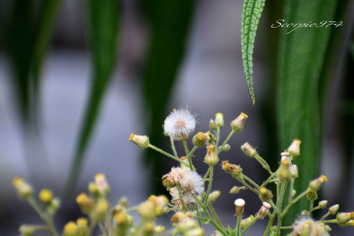 Nature, nature 974, nature Réunion, nature de la Réunion, nature à la Réunion, flore, flore 974, flore Réunion, flore de la Réunion, flore à la Réunion, flore introduit, flore introduit 974, flore introduit Réunion, flore introduit à la Réunion, flore introduit de la Réunion, flores introduits, flores introduits 974, flores introduits Réunion, flores introduits à la Réunion, flores introduits à la Réunion, fruit, fruit 974, fruit Réunion, fruit de la Réunion, fruit à la Réunion, Akène, Akène 974, Akène Réunion, Akène de la Réunion, Akène à la Réunion, Akène blanc, Akène blanc 974, Akène blanc Réunion, Akène blanc de la Réunion, Akène à la Réunion, fruit introduit, fruit introduit 974, fruit introduit Réunion, fruit introduit de la Réunion, fruit introduit à la Réunion, fruits, fruits 974, fruits Réunion, fruits de la Réunion, fruits à la Réunion, fruit introduit, fruit introduit 974, fruit introduit Réunion, fruit introduit de la Réunion, fruit introduit à la Réunion, fruits, fruits 974, fruits Réunion, fruits de la Réunion, fruits à la Réunion, fruits introduits, fruits introduits 974, fruits introduits Réunion, fruits introduits de la Réunion, fruit blanc, fruit blanc 974, fruit blanc Réunion, fruit blanc de la Réunion, fruit blanc à la Réunion, fruits blancs, fruits blancs 974, fruits blancs Réunion, fruits blancs de la Réunion, fruits blancs à la Réunion, fruit blanc pâle, fruit blanc pâle 974, fruit blanc pâle Réunion, fruit blanc pâle de la Réunion, fruit blanc pâle à la Réunion, fruits blancs pâles, fruits blancs pâles 974, fruits blancs pâles Réunion, fruits blancs pâles de la Réunion, fruits blancs pâles, à la Réunion, fruit blanc introduit, fruit blanc introduit 974, fruit blanc introduit Réunion, fruit blanc introduit de la Réunion, fruit blanc introduit à la Réunion, fruits blancs introduits, fruits blancs introduits 974, fruits blancs introduits Réunion, fruits blancs introduits de la Réunion, fruits blancs introduits à la Réunion, fruit blanc pâle introduit, fruit blanc pâle introduit 974, fruit blanc pâle introduit Réunion, fruit blanc pâle introduit de la Réunion, fruit blanc pâle introduit à la Réunion, fruits blancs pâles introduits, fruits blancs pâles introduits 974, fruits blancs pâles introduits Réunion, fruits blancs pâles introduits de la Réunion, fruits blancs pâles introduits à la Réunion, adventice, adventice 974, adventice Réunion, adventice de la Réunion, adventice à la Réunion, adventices, adventices 974, adventices de la Réunion, adventices Réunion, adventices à la Réunion, mauvaise herbe, mauvaise herbe 974, mauvaise herbe Réunion, mauvaise herbe de la Réunion, mauvaise herbe à la Réunion, mauvaises herbes, mauvaises herbes 974, mauvaises herbes Réunion, mauvaises herbes de la Réunion, mauvaises herbes à la Réunion, adventice à fruit blanc, adventice à fruit blanc 974, adventice à fruit blanc Réunion, adventice à fruit blanc de la Réunion, adventice à fruit blanc à la Réunion, adventices à fruits blancs, adventices à fruits blancs 974, adventices à fruits blancs Réunion, adventices à fruits blancs de la Réunion, adventices à fruits blancs à la Réunion, mauvaise herbe à fruit blanc, mauvaise herbe à fruit blanc 974, mauvaise herbe à fruit blanc Réunion, mauvaise herbe à fruit blanc de la Réunion, mauvaise herbe à fruit blanc à la Réunion, mauvaises herbes à fruits blancs, mauvaises herbes à fruits blancs 974, mauvaises herbes à fruits blancs Réunion, mauvaises herbes à fruits blancs de la Réunion, mauvaises herbes à fruits blancs à la Réunion, adventice à fruit blanc pâle, adventice à fruit blanc pâle 974, adventice à fruit blanc pâle Réunion, adventice à fruit blanc pâle à la Réunion, adventice à fruit blanc pâle de la Réunion, adventices à fruits blancs pâles, adventices à fruits blancs pâles 974, adventices à fruits blancs pâles Réunion, adventices à fruits blancs pâles de la Réunion, adventices à fruits blancs pâles à la Réunion, mauvaise herbe à fruit blanc pâle, mauvaise herbe à fruit blanc pâle 974, mauvaise herbe à fruit blanc pâle Réunion, mauvaise herbe à fruit blanc pâle de la Réunion, mauvaise herbe à fruit blanc pâle à la Réunion, mauvaises herbes à fruits blancs, mauvaises herbes à fruits blancs 974, mauvaises herbes à fruits blancs Réunion, mauvaises herbes à fruits blancs de la Réunion, mauvaises herbes à fruits blancs à la Réunion, adventice introduit, adventice introduit 974, adventice introduit Réunion, adventice introduit de la Réunion, adventice introduit à la Réunion, adventices introduits, adventices introduits 974, adventices introduits Réunion, adventices introduits de la Réunion, adventices introduits à la Réunion, mauvaises herbes introduits, mauvaises herbes introduits 974, mauvaises herbes introduits Réunion, mauvaises herbes introduits à la Réunion, mauvaises herbes introduits de la Réunion, mauvaise herbe introduit, mauvaise herbe introduit 974, mauvaise herbe introduit Réunion, mauvaise herbe introduit de la Réunion, mauvaise herbe introduit à la Réunion, adventice à fruit introduit 974, adventice à fruit introduit Réunion, adventice à fruit introduit de la Réunion, adventice à fruit introduit à la Réunion, adventices à fruits introduits, adventices à fruits introduits 974, adventices à fruits introduits Réunion, adventices à fruits introduits de la Réunion, adventices à fruits introduits à la Réunion, adventice à fruit blanc introduit 974, adventice à fruit blanc introduit Réunion, adventice à fruit blanc introduit de la Réunion, adventice à fruit blanc introduit à la Réunion, adventices à fruit blancs blancs introduits, adventices à fruit blancs blancs introduits 974, adventices à fruit blancs blancs introduits Réunion, adventices à fruit blancs blancs introduits de la Réunion, adventices à fruit blancs blancs introduits à la Réunion,adventice à fruit blanc pâle introduit 974, adventice à fruit blanc pâle introduit Réunion, adventice à fruit blanc pâle introduit de la Réunion, adventice à fruit blanc pâle introduit à la Réunion, adventices à fruit blancs pâles intromauvaise herbe à fruit introduit 974, mauvaise herbe à fruit introduit Réunion, mauvaise herbe à fruit introduit de la Réunion, mauvaise herbe à fruit introduit à la Réunion, mauvaises herbes à fruits introduits, mauvaises herbes à fruits introduits 974, mauvaises herbes à fruits introduits Réunion, mauvaises herbes à fruits introduits de la Réunion, mauvaises herbes à fruits introduits à la Réunion, adventices à fruit blancs pâles introduits, adventices à fruit blancs pâles introduits 974, adventices à fruit blancs pâles introduits Réunion, adventices à fruit blancs pâles introduits de la Réunion, adventices à fruit blancs pâles introduits à la Réunion, mauvaise herbe à fruit blanc introduit 974, mauvaise herbe à fruit blanc introduit Réunion, mauvaise herbe à fruit blanc introduit de la Réunion, mauvaise herbe à fruit blanc introduit à la Réunion, mauvaises herbes à fruit blancs blancs introduits, mauvaises herbes à fruit blancs blancs introduits 974, mauvaises herbes à fruit blancs blancs introduits Réunion, mauvaises herbes à fruit blancs blancs introduits de la Réunion, mauvaises herbes à fruit blancs blancs introduits à la Réunion, introduit, introduit 974, introduit Réunion, introduit de la Réunion, introduit à la Réunion, introduits, introduits 974, introduits Réunion, introduits à la Réunion, introduits de la Réunion, espèce introduit, espèce introduit 974, espèce introduit Réunion, espèce introduit de la Réunion, espèce introduit à la Réunion, espèces introduits, espèces introduits à la Réunion, espèces introduits 974, espèces introduits Réunion, espèces introduits de la Réunion, fruit blanc commune, fruit blanc commune 974, fruit blanc commune Réunion, fruit blanc commune de la Réunion, fruit blanc commune à la Réunion, fruits blancs communes, fruits blancs communes 974, fruits blancs communes Réunion, fruits blancs communes de la Réunion, fruits blancs communes à la Réunion, espèces florales, espèces florales 974, Réunion, espèces florales de la Réunion, espèces florales à la Réunion, espèce florale, espèce florale 974, Réunion, espèce florale de la Réunion, espèce florale à la Réunion, mauvaise herbe à fruit blanc envahissante, mauvaise herbe à fruit blanc envahissante 974, mauvaise herbe à fruit blanc envahissante Réunion, mauvaise herbe à fruit blanc envahissante de la Réunion, mauvaise herbe à fruit blanc envahissante à la Réunion, mauvaises herbes à fruits blancs envahissantes, mauvaises herbes à fruits blancs envahissantes 974, mauvaises herbes à fruits blancs envahissantes Réunion, mauvaises herbes à fruits blancs envahissantes de la Réunion, mauvaises herbes à fruits blancs envahissantes à la Réunion, communs, communs Réunion, communs 974, communs de la Réunion, communs à la Réunion, commun, commun 974, commun Réunion, commun de la Réunion, commun à la Réunion, espèces florales introduits, espèces florales introduits 974, espèces florales introduits Réunion, espèces florales introduits de la Réunion, espèces florales introduits à la Réunion, espèce florale introduit, espèce florale introduit 974, espèce florale introduit Réunion, espèce florale introduit de la Réunion, espèce florale introduit à la Réunion, espèce invasive, espèce invasive 974, espèce invasive Réunion, espèce invasive de la Réunion, espèce invasive à la Réunion, espèces invasives, espèces invasives 974, espèces invasives Réunion, espèces invasives de la Réunion, espèces invasives à la Réunion, espèces florales invasives, espèces florales invasives Réunion, espèces florales invasives de la Réunion, espèces florales invasives à la Réunion, espèce florale invasive, espèce florale invasive 974, espèce florale invasive Réunion, espèce florale invasive de la Réunion, espèce florale invasive à la Réunion, espèces florales envahissantes troisième, espèces florales envahissantes troisième 974, espèces florales envahissantes troisième Réunion, espèces florales envahissantes troisième de la Réunion, espèces florales envahissantes troisième à la Réunion, espèce florale envahissante troisième, espèce florale envahissante troisième 974, espèce florale envahissante troisième Réunion, espèce florale envahissante troisième de la Réunion, espèce florale envahissante troisième à la Réunion, espèces florales envahissantes de moyen niveau, espèces florales envahissantes de moyen niveau 974, espèces florales envahissantes de moyen niveau Réunion, espèces florales envahissantes de moyen niveau de la Réunion, espèces florales envahissantes de moyen niveau à la Réunion, espèce florale envahissante de moyen niveau, espèce florale envahissante de moyen niveau 974, espèce florale envahissante de moyen niveau Réunion, espèce florale envahissante de moyen niveau de la Réunion, espèce florale envahissante de moyen niveau à la Réunion, espèces florales nuisibles de niveau 3 sur 3, espèces florales nuisibles de niveau 3 sur 3 974, espèces florales nuisibles de niveau 3 sur 3 Réunion, espèces florales nuisibles de niveau 3 sur 3 de la Réunion, espèces florales nuisibles de niveau 3 sur 3 à la Réunion, espèce florale envahissante de trois sur trois, espèce florale envahissante de trois sur trois 974, espèce florale envahissante de trois sur trois Réunion, espèce florale envahissante de trois sur trois de la Réunion, espèce florale envahissante de trois sur trois à la Réunion, espèce florale envahissante de niveau 3 sur 3, espèce florale envahissante de niveau 3 sur 3 974, espèce florale envahissante de niveau 3 sur 3 Réunion, espèce florale envahissante de niveau 3 sur 3 de la Réunion, espèce florale envahissante de niveau 3 sur 3 à la Réunion, espèces florales envahissantes de niveau 3 sur 3, espèces florales envahissantes de niveau 3 sur 3 974, espèces florales envahissantes de niveau 3 sur 3 Réunion, espèces florales envahissantes de niveau 3 sur 3 de la Réunion, espèces florales envahissantes de niveau 3 sur 3 à la Réunion, espèces envahissantes de moyen niveau, espèces envahissantes de moyen niveau 974, espèces envahissantes de moyen niveau Réunion, espèces envahissantes de moyen niveau de la Réunion, espèces envahissantes de moyen niveau à la Réunion, espèce envahissante de moyen niveau, espèce envahissante de moyen niveau 974, espèce envahissante de moyen niveau Réunion, espèce envahissante de moyen niveau de la Réunion, espèce envahissante de moyen niveau à la Réunion, espèces envahissantes de niveau 3, espèces envahissantes de niveau 3 974, espèces envahissantes de niveau 3 Réunion, espèces envahissantes de niveau 3 de la Réunion, espèces envahissantes de niveau 3 à la Réunion, espèce envahissante de niveau 3, espèce envahissante de niveau 3 974, espèce envahissante de niveau 3 Réunion, espèce envahissante de niveau 3 de la Réunion, espèce envahissante de niveau 3 à la Réunion, espèces envahissantes de trois sur trois, espèces envahissantes de trois sur trois 974, espèces envahissantes de trois sur trois Réunion, espèces envahissantes de trois sur trois de la Réunion, espèces envahissantes de trois sur trois à la Réunion, espèce envahissante de trois sur trois, espèce envahissante de trois sur trois 974, espèce envahissante de trois sur trois Réunion, espèce envahissante de trois sur trois de la Réunion, espèce envahissante de trois sur trois à la Réunion, espèces envahissantes de niveau 3 sur 3, espèces envahissantes de niveau 3 sur 3 974, espèces envahissantes de niveau 3 sur 3 Réunion, espèces envahissantes de niveau 3 sur 3 de la Réunion, espèces envahissantes de niveau 3 sur 3 à la Réunion, espèce envahissante de niveau 3 sur 3, espèce envahissante de niveau 3 sur 3 974, espèce envahissante de niveau 3 sur 3 Réunion, espèce envahissante de niveau 3 sur 3 de la Réunion, espèce envahissante de niveau 3 sur 3 à la Réunion, espèces de fruits invasives, espèces de fruits invasives 974, espèces de fruits invasives Réunion, espèces de fruits invasives de la Réunion, espèces de fruits invasives à la Réunion, espèce de fruit invasive, espèce de fruit invasive 974, espèce de fruit invasive Réunion, espèce de fruit invasive de la Réunion, espèce de fruit invasive à la Réunion, nuisible, nuisible 974, nuisible Réunion, nuisible de la Réunion, nuisible à la Réunion, nuisibles, nuisibles 974, nuisibles Réunion, nuisibles de la Réunion, nuisibles à la Réunion, espèce nuisible, espèce nuisible 974, espèce nuisible Réunion, espèce nuisible de la Réunion, espèce nuisible à la Réunion, espèces nuisibles, espèces nuisibles 974, espèces nuisibles Réunion, espèces nuisibles de la Réunion, espèces nuisibles à la Réunion, flore magnifique, flore magnifique Réunion, flore magnifique de la Réunion, flore magnifique à la Réunion, espèces fruits invasives, espèces fruits invasives 974, espèces fruits invasives Réunion, espèces fruits invasives de la Réunion, espèces fruits invasives à la Réunion, espèce fruit invasive, espèce fruit invasive 974, espèce fruit invasive Réunion, espèce fruit invasive de la Réunion, espèce fruit invasive à la Réunion, flore invasives, flore invasives 974, flore invasives Réunion, flore invasives de la Réunion, flore invasives à la Réunion, fruit invasive, fruit invasive 974, fruit invasive Réunion, fruit invasive de la Réunion, fruit invasive à la Réunion, fruits invasives, fruits invasives Réunion, fruits invasives de la Réunion, fruits invasives à la Réunion, petite fruit, petite fruit 974, petite fruit Réunion, petite fruit de la Réunion, petite fruit à la Réunion, petite fruit introduit, petite fruit introduit 974, petite fruit introduit Réunion, petite fruit introduit de la Réunion, petite fruit introduit à la Réunion, petites fruits, petites fruits 974, petites fruits Réunion, petites fruits de la Réunion, petites fruits à la Réunion, petite fruit introduit, petite fruit introduit 974, petite fruit introduit Réunion, petite fruit introduit de la Réunion, petite fruit introduit à la Réunion, petites fruits, petites fruits 974, petites fruits Réunion, petites fruits de la Réunion, petites fruits à la Réunion, petites fruits introduits, petites fruits introduits 974, petites fruits introduits Réunion, petites fruits introduits de la Réunion, petite fruit blanc, petite fruit blanc 974, petite fruit blanc Réunion, petite fruit blanc de la Réunion, petite fruit blanc à la Réunion, petites fruits blancs, petites fruits blancs 974, petites fruits blancs Réunion, petites fruits blancs de la Réunion, petites fruits blancs à la Réunion, petite fruit blanc pâle, petite fruit blanc pâle 974, petite fruit blanc pâle Réunion, petite fruit blanc pâle de la Réunion, petite fruit blanc pâle à la Réunion, petites fruits blancs pâles, petites fruits blancs pâles 974, petites fruits blancs pâles Réunion, petites fruits blancs pâles de la Réunion, petites fruits blancs pâles, à la Réunion, petite fruit blanc introduit, petite fruit blanc introduit 974, petite fruit blanc introduit Réunion, petite fruit blanc introduit de la Réunion, petite fruit blanc introduit à la Réunion, petites fruits blancs introduits, petites fruits blancs introduits 974, petites fruits blancs introduits Réunion, petites fruits blancs introduits de la Réunion, petites fruits blancs introduits à la Réunion, petite fruit blanc pâle introduit, petite fruit blanc pâle introduit 974, petite fruit blanc pâle introduit Réunion, petite fruit blanc pâle introduit de la Réunion, petite fruit blanc pâle introduit à la Réunion, petites fruits blancs pâles introduits, petites fruits blancs pâles introduits 974, petites fruits blancs pâles introduits Réunion, petites fruits blancs pâles introduits de la Réunion, petites fruits blancs pâles introduits à la Réunion, adventice à petite fruit blanc, adventice à petite fruit blanc 974, adventice à petite fruit blanc Réunion, adventice à petite fruit blanc de la Réunion, adventice à petite fruit blanc à la Réunion, adventices à petites fruits blancs, adventices à petites fruits blancs 974, adventices à petites fruits blancs Réunion, adventices à petites fruits blancs de la Réunion, adventices à petites fruits blancs à la Réunion, mauvaise herbe à petite fruit blanc, mauvaise herbe à petite fruit blanc 974, mauvaise herbe à petite fruit blanc Réunion, mauvaise herbe à petite fruit blanc de la Réunion, mauvaise herbe à petite fruit blanc à la Réunion, mauvaises herbes à petites fruits blancs, mauvaises herbes à petites fruits blancs 974, mauvaises herbes à petites fruits blancs Réunion, mauvaises herbes à petites fruits blancs de la Réunion, mauvaises herbes à petites fruits blancs à la Réunion, adventice à petite fruit blanc pâle, adventice à petite fruit blanc pâle 974, adventice à petite fruit blanc pâle Réunion, adventice à petite fruit blanc pâle à la Réunion, adventice à petite fruit blanc pâle de la Réunion, adventices à petites fruits blancs pâles, adventices à petites fruits blancs pâles 974, adventices à petites fruits blancs pâles Réunion, adventices à petites fruits blancs pâles de la Réunion, adventices à petites fruits blancs pâles à la Réunion, mauvaise herbe à petite fruit blanc pâle, mauvaise herbe à petite fruit blanc pâle 974, mauvaise herbe à petite fruit blanc pâle Réunion, mauvaise herbe à petite fruit blanc pâle de la Réunion, mauvaise herbe à petite fruit blanc pâle à la Réunion, mauvaises herbes à petites fruits blancs, mauvaises herbes à petites fruits blancs 974, mauvaises herbes à petites fruits blancs Réunion, mauvaises herbes à petites fruits blancs de la Réunion, mauvaises herbes à petites fruits blancs à la Réunion, adventice à petite fruit introduit 974, adventice à petite fruit introduit Réunion, adventice à petite fruit introduit de la Réunion, adventice à petite fruit introduit à la Réunion, adventices à petites fruits introduits, adventices à petites fruits introduits 974, adventices à petites fruits introduits Réunion, adventices à petites fruits introduits de la Réunion, adventices à petites fruits introduits à la Réunion, adventice à petite fruit blanc introduit 974, adventice à petite fruit blanc introduit Réunion, adventice à petite fruit blanc introduit de la Réunion, adventice à petite fruit blanc introduit à la Réunion, adventices à petite fruit blancs blancs introduits, adventices à petite fruit blancs blancs introduits 974, adventices à petite fruit blancs blancs introduits Réunion, adventices à petite fruit blancs blancs introduits de la Réunion, adventices à petite fruit blancs blancs introduits à la Réunion,adventice à petite fruit blanc pâle introduit 974, adventice à petite fruit blanc pâle introduit Réunion, adventice à petite fruit blanc pâle introduit de la Réunion, adventice à petite fruit blanc pâle introduit à la Réunion, adventices à petite fruit blanc pâles blanc pâles intromauvaise herbe à petite fruit introduit 974, mauvaise herbe à petite fruit introduit Réunion, mauvaise herbe à petite fruit introduit de la Réunion, mauvaise herbe à petite fruit introduit à la Réunion, mauvaises herbes à petites fruits introduits, mauvaises herbes à petites fruits introduits 974, mauvaises herbes à petites fruits introduits Réunion, mauvaises herbes à petites fruits introduits de la Réunion, mauvaises herbes à petites fruits introduits à la Réunion, adventices à petite fruit blancs pâles introduits, adventices à petite fruit blancs pâles introduits 974, adventices à petite fruit blancs pâles introduits Réunion, adventices à petite fruit blancs pâles introduits de la Réunion, adventices à petite fruit blancs pâles introduits à la Réunion, mauvaise herbe à petite fruit blanc introduit 974, mauvaise herbe à petite fruit blanc introduit Réunion, mauvaise herbe à petite fruit blanc introduit de la Réunion, mauvaise herbe à petite fruit blanc introduit à la Réunion, mauvaises herbes à petite fruit blancs blancs introduits, mauvaises herbes à petite fruit blancs blancs introduits 974, mauvaises herbes à petite fruit blancs blancs introduits Réunion, mauvaises herbes à petite fruit blancs blancs introduits de la Réunion, mauvaises herbes à petite fruit blancs blancs introduits à la Réunion, petite fruit blanc commune, petite fruit blanc commune 974, petite fruit blanc commune Réunion, petite fruit blanc commune de la Réunion, petite fruit blanc commune à la Réunion, petites fruits blancs communes, petites fruits blancs communes 974, petites fruits blancs communes Réunion, petites fruits blancs communes de la Réunion, petites fruits blancs communes à la Réunion, mauvaise herbe à petite fruit blanc envahissante, mauvaise herbe à petite fruit blanc envahissante 974, mauvaise herbe à petite fruit blanc envahissante Réunion, mauvaise herbe à petite fruit blanc envahissante de la Réunion, mauvaise herbe à petite fruit blanc envahissante à la Réunion, mauvaises herbes à petites fruits blancs envahissantes, mauvaises herbes à petites fruits blancs envahissantes 974, mauvaises herbes à petites fruits blancs envahissantes Réunion, mauvaises herbes à petites fruits blancs envahissantes de la Réunion, mauvaises herbes à petites fruits blancs envahissantes à la Réunion, espèces de petites fruits invasives, espèces de petites fruits invasives 974, espèces de petites fruits invasives Réunion, espèces de petites fruits invasives de la Réunion, espèces de petites fruits invasives à la Réunion, espèce de petite fruit invasive, espèce de petite fruit invasive 974, espèce de petite fruit invasive Réunion, espèce de petite fruit invasive de la Réunion, espèce de petite fruit invasive à la Réunion, espèces petites fruits invasives, espèces petites fruits invasives 974, espèces petites fruits invasives Réunion, espèces petites fruits invasives de la Réunion, espèces petites fruits invasives à la Réunion, espèce petite fruit invasive, espèce petite fruit invasive 974, espèce petite fruit invasive Réunion, espèce petite fruit invasive de la Réunion, espèce petite fruit invasive à la Réunion, petite fruit invasive, petite fruit invasive 974, petite fruit invasive Réunion, petite fruit invasive de la Réunion, petite fruit invasive à la Réunion, petites fruits invasives, petites fruits invasives Réunion, petites fruits invasives de la Réunion, petites fruits invasives à la Réunion, Asterales, Asterales 974, Asterales Réunion, Asterales de la Réunion, Asterales à la Réunion, Asteraceae, Asteraceae 974, Asteraceae Réunion, Asteraceae de la Réunion, Asteraceae à la Réunion, Erigeron, Erigeron 974, Erigeron Réunion, Erigeron de la Réunion, Erigeron à la Réunion, Erigeron sumatrensis, Erigeron sumatrensis 974, Erigeron sumatrensis Réunion, Erigeron sumatrensis de la Réunion, Erigeron sumatrensis à la Réunion, Erigeron sumatrensis Retz., Erigeron sumatrensis Retz. 974, Erigeron sumatrensis Retz. Réunion, Erigeron sumatrensis Retz. de la Réunion, Erigeron sumatrensis Retz. à la Réunion, Erigeron sumatrensis Retz. 1810, Erigeron sumatrensis Retz. 1810 974, Erigeron sumatrensis Retz. 1810 Réunion, Erigeron sumatrensis Retz. 1810 de la Réunion, Erigeron sumatrensis Retz. 1810 à la Réunion, Erigeron sumatrensis (Retz., 1810), Erigeron sumatrensis (Retz., 1810) 974, Erigeron sumatrensis (Retz., 1810) Réunion, Erigeron sumatrensis (Retz., 1810) à la Réunion, Conyza, Conyza 974, Conyza Réunion, Conyza de la Réunion, Conyza à la Réunion, Conyza albida, Conyza albida 974, Conyza albida Réunion, Conyza albida de la Réunion, Conyza albida à la Réunion, Conyza albida Willd. ex Spreng., Conyza albida Willd. ex Spreng. 974, Conyza albida Willd. ex Spreng. Réunion, Conyza albida Willd. ex Spreng. de la Réunion, Conyza albida Willd. ex Spreng. à la Réunion, Conyza albida Willd. ex Spreng. 1826, Conyza albida Willd. ex Spreng. 1826 974, Conyza albida Willd. ex Spreng. 1826 Réunion, Conyza albida Willd. ex Spreng. 1826 de la Réunion, Conyza albida Willd. ex Spreng. 1826 à la Réunion, Conyza albida (Willd. ex Spreng., 1826), Conyza albida (Willd. ex Spreng., 1826) 974, Conyza albida (Willd. ex Spreng., 1826) Réunion, Conyza albida (Willd. ex Spreng., 1826) à la Réunion, Conyza albida (Willd. ex Spreng., 1826) de la Réunion, Erigeron sumatrensis (Retz., 1810) de la Réunion, Conyza, Conyza 974, Conyza Réunion, Conyza de la Réunion, Conyza à la Réunion, Conyza albida, Conyza albida 974, Conyza albida Réunion, Conyza albida de la Réunion, Conyza albida à la Réunion, Conyza albida Willd. ex Spreng., Conyza albida Willd. ex Spreng. 974, Conyza albida Willd. ex Spreng. Réunion, Conyza albida Willd. ex Spreng. de la Réunion, Conyza albida Willd. ex Spreng. à la Réunion, Conyza albida Willd. ex Spreng. 1826, Conyza albida Willd. ex Spreng. 1826 974, Conyza albida Willd. ex Spreng. 1826 Réunion, Conyza albida Willd. ex Spreng. 1826 de la Réunion, Conyza albida Willd. ex Spreng. 1826 à la Réunion, Conyza albida (Willd. ex Spreng., 1826), Conyza albida (Willd. ex Spreng., 1826) 974, Conyza albida (Willd. ex Spreng., 1826) Réunion, Conyza albida (Willd. ex Spreng., 1826) à la Réunion, Conyza albida (Willd. ex Spreng., 1826) de la Réunion, Conyza barciononensis, Conyza barciononensis 974, Conyza barciononensis Réunion, Conyza barciononensis de la Réunion, Conyza barciononensis à la Réunion, Conyza barciononensis Sennen, Conyza barciononensis Sennen 974, Conyza barciononensis Sennen Réunion, Conyza barciononensis Sennen de la Réunion, Conyza barciononensis Sennen à la Réunion, Conyza barciononensis Sennen 1916, Conyza barciononensis Sennen 1916 974, Conyza barciononensis Sennen 1916 Réunion, Conyza barciononensis Sennen 1916 de la Réunion, Conyza barciononensis Sennen 1916 à la Réunion, Conyza barciononensis (Sennen, 1916), Conyza barciononensis (Sennen, 1916) 974, Conyza barciononensis (Sennen, 1916) Réunion, Conyza barciononensis (Sennen, 1916) à la Réunion, Conyza barciononensis (Sennen, 1916) de la Réunion, Conyza altissima, Conyza altissima 974, Conyza altissima Réunion, Conyza altissima de la Réunion, Conyza altissima à la Réunion, Conyza altissima Naudin & Debeaux ex Debeaux, Conyza altissima Naudin & Debeaux ex Debeaux 974, Conyza altissima Naudin & Debeaux ex Debeaux Réunion, Conyza altissima Naudin & Debeaux ex Debeaux de la Réunion, Conyza altissima Naudin & Debeaux ex Debeaux à la Réunion, Conyza altissima Naudin & Debeaux ex Debeaux 1880, Conyza altissima Naudin & Debeaux ex Debeaux 1880 974, Conyza altissima Naudin & Debeaux ex Debeaux 1880 Réunion, Conyza altissima Naudin & Debeaux ex Debeaux 1880 de la Réunion, Conyza altissima Naudin & Debeaux ex Debeaux 1880 à la Réunion, Conyza altissima (Naudin & Debeaux ex Debeaux, 1880), Conyza altissima (Naudin & Debeaux ex Debeaux, 1880) 974, Conyza altissima (Naudin & Debeaux ex Debeaux, 1880) Réunion, Conyza altissima (Naudin & Debeaux ex Debeaux, 1880) à la Réunion, Conyza altissima (Naudin & Debeaux ex Debeaux, 1880) de la Réunion, Conyza capillipes, Conyza capillipes 974, Conyza capillipes Réunion, Conyza capillipes de la Réunion, Conyza capillipes à la Réunion, Conyza capillipes S.Moore, Conyza capillipes S.Moore 974, Conyza capillipes S.Moore Réunion, Conyza capillipes S.Moore de la Réunion, Conyza capillipes S.Moore à la Réunion, Conyza capillipes S.Moore 1895, Conyza capillipes S.Moore 1895 974, Conyza capillipes S.Moore 1895 Réunion, Conyza capillipes S.Moore 1895 de la Réunion, Conyza capillipes S.Moore 1895 à la Réunion, Conyza capillipes (S.Moore, 1895), Conyza capillipes (S.Moore, 1895) 974, Conyza capillipes (S.Moore, 1895) Réunion, Conyza capillipes (S.Moore, 1895) à la Réunion, Conyza capillipes (S.Moore, 1895) de la Réunion, Conyza erigeroides, Conyza erigeroides 974, Conyza erigeroides Réunion, Conyza erigeroides de la Réunion, Conyza erigeroides à la Réunion, Conyza erigeroides DC., Conyza erigeroides DC. 974, Conyza erigeroides DC. Réunion, Conyza erigeroides DC. de la Réunion, Conyza erigeroides DC. à la Réunion, Conyza erigeroides DC. 1836, Conyza erigeroides DC. 1836 974, Conyza erigeroides DC. 1836 Réunion, Conyza erigeroides DC. 1836 de la Réunion, Conyza erigeroides DC. 1836 à la Réunion, Conyza erigeroides (DC., 1836), Conyza erigeroides (DC., 1836) 974, Conyza erigeroides (DC., 1836) Réunion, Conyza erigeroides (DC., 1836) à la Réunion, Conyza erigeroides (DC., 1836) de la Réunion, Conyza flahaultiana, Conyza flahaultiana 974, Conyza flahaultiana Réunion, Conyza flahaultiana de la Réunion, Conyza flahaultiana à la Réunion, Conyza flahaultiana Sennen, Conyza flahaultiana Sennen 974, Conyza flahaultiana Sennen Réunion, Conyza flahaultiana Sennen de la Réunion, Conyza flahaultiana Sennen à la Réunion, Conyza flahaultiana Sennen 1905, Conyza flahaultiana Sennen 1905 974, Conyza flahaultiana Sennen 1905 Réunion, Conyza flahaultiana Sennen 1905 de la Réunion, Conyza flahaultiana Sennen 1905 à la Réunion, Conyza flahaultiana (Sennen, 1905), Conyza flahaultiana (Sennen, 1905) 974, Conyza flahaultiana (Sennen, 1905) Réunion, Conyza flahaultiana (Sennen, 1905) à la Réunion, Conyza flahaultiana (Sennen, 1905) de la Réunion, Erigeron, Erigeron 974, Erigeron Réunion, Erigeron de la Réunion, Erigeron à la Réunion, Erigeron albidus, Erigeron albidus 974, Erigeron albidus Réunion, Erigeron albidus de la Réunion, Erigeron albidus à la Réunion, Erigeron albidus (Willd. ex Spreng.) A.Gray, Erigeron albidus (Willd. ex Spreng.) A.Gray 974, Erigeron albidus (Willd. ex Spreng.) A.Gray Réunion, Erigeron albidus (Willd. ex Spreng.) A.Gray de la Réunion, Erigeron albidus (Willd. ex Spreng.) A.Gray à la Réunion, Erigeron albidus (Willd. ex Spreng.) A.Gray 1862, Erigeron albidus (Willd. ex Spreng.) A.Gray 1862 974, Erigeron albidus (Willd. ex Spreng.) A.Gray 1862 Réunion, Erigeron albidus (Willd. ex Spreng.) A.Gray 1862 de la Réunion, Erigeron albidus (Willd. ex Spreng.) A.Gray 1862 à la Réunion, Erigeron albidus ((Willd. ex Spreng.) A.Gray, 1862), Erigeron albidus ((Willd. ex Spreng.) A.Gray, 1862) 974, Erigeron albidus ((Willd. ex Spreng.) A.Gray, 1862) Réunion, Erigeron albidus ((Willd. ex Spreng.) A.Gray, 1862) à la Réunion, Erigeron albidus ((Willd. ex Spreng.) A.Gray, 1862) de la Réunion, Erigeron albidus (Willd. ex Spreng., 1862) de la Réunion, Erigeron crispus subp. naudinii, Erigeron crispus subp. naudinii 974, Erigeron crispus subp. naudinii Réunion, Erigeron crispus subp. naudinii de la Réunion, Erigeron crispus subp. naudinii à la Réunion, Erigeron crispus subp. naudinii (Bonnet) Bonnier, Erigeron crispus subp. naudinii (Bonnet) Bonnier 974, Erigeron crispus subp. naudinii (Bonnet) Bonnier Réunion, Erigeron crispus subp. naudinii (Bonnet) Bonnier de la Réunion, Erigeron crispus subp. naudinii (Bonnet) Bonnier à la Réunion, Erigeron crispus subp. naudinii (Bonnet) Bonnier 1922, Erigeron crispus subp. naudinii (Bonnet) Bonnier 1922 974, Erigeron crispus subp. naudinii (Bonnet) Bonnier 1922 Réunion, Erigeron crispus subp. naudinii (Bonnet) Bonnier 1922 de la Réunion, Erigeron crispus subp. naudinii (Bonnet) Bonnier 1922 à la Réunion, Erigeron crispus subp. naudinii ((Bonnet) Bonnier, 1922), Erigeron crispus subp. naudinii ((Bonnet) Bonnier, 1922) 974, Erigeron crispus subp. naudinii ((Bonnet) Bonnier, 1922) Réunion, Erigeron crispus subp. naudinii ((Bonnet) Bonnier, 1922) à la Réunion, Erigeron crispus subp. naudinii ((Bonnet) Bonnier, 1922) de la Réunion, Erigeron flahaultianus, Erigeron flahaultianus 974, Erigeron flahaultianus Réunion, Erigeron flahaultianus de la Réunion, Erigeron flahaultianus à la Réunion, Erigeron flahaultianus (Sennen) Thell., Erigeron flahaultianus (Sennen) Thell. 974, Erigeron flahaultianus (Sennen) Thell. Réunion, Erigeron flahaultianus (Sennen) Thell. de la Réunion, Erigeron flahaultianus (Sennen) Thell. à la Réunion, Erigeron flahaultianus (Sennen) Thell. 1912, Erigeron flahaultianus (Sennen) Thell. 1912 974, Erigeron flahaultianus (Sennen) Thell. 1912 Réunion, Erigeron flahaultianus (Sennen) Thell. 1912 de la Réunion, Erigeron flahaultianus (Sennen) Thell. 1912 à la Réunion, Erigeron flahaultianus ((Sennen) Thell., 1912), Erigeron flahaultianus ((Sennen) Thell., 1912) 974, Erigeron flahaultianus ((Sennen) Thell., 1912) Réunion, Erigeron flahaultianus ((Sennen) Thell., 1912) à la Réunion, Erigeron flahaultianus ((Sennen) Thell., 1912) de la Réunion, Erigeron musashiensis, Erigeron musashiensis 974, Erigeron musashiensis Réunion, Erigeron musashiensis de la Réunion, Erigeron musashiensis à la Réunion, Erigeron musashiensis Makino, Erigeron musashiensis Makino 974, Erigeron musashiensis Makino Réunion, Erigeron musashiensis Makino de la Réunion, Erigeron musashiensis Makino à la Réunion, Erigeron musashiensis Makino 1926, Erigeron musashiensis Makino 1926 974, Erigeron musashiensis Makino 1926 Réunion, Erigeron musashiensis Makino 1926 de la Réunion, Erigeron musashiensis Makino 1926 à la Réunion, Erigeron musashiensis (Makino, 1926), Erigeron musashiensis (Makino, 1926) 974, Erigeron musashiensis (Makino, 1926) Réunion, Erigeron musashiensis (Makino, 1926) à la Réunion, Erigeron musashiensis (Makino, 1926) de la Réunion, Erigeron naudinii, Erigeron naudinii 974, Erigeron naudinii Réunion, Erigeron naudinii de la Réunion, Erigeron naudinii à la Réunion, Erigeron naudinii (Bonnet) P.Fourn., Erigeron naudinii (Bonnet) P.Fourn. 974, Erigeron naudinii (Bonnet) P.Fourn. Réunion, Erigeron naudinii (Bonnet) P.Fourn. de la Réunion, Erigeron naudinii (Bonnet) P.Fourn. à la Réunion, Erigeron naudinii (Bonnet) P.Fourn. 1939, Erigeron naudinii (Bonnet) P.Fourn. 1939 974, Erigeron naudinii (Bonnet) P.Fourn. 1939 Réunion, Erigeron naudinii (Bonnet) P.Fourn. 1939 de la Réunion, Erigeron naudinii (Bonnet) P.Fourn. 1939 à la Réunion, Erigeron naudinii ((Bonnet) P.Fourn., 1939), Erigeron naudinii ((Bonnet) P.Fourn., 1939) 974, Erigeron naudinii ((Bonnet) P.Fourn., 1939) Réunion, Erigeron naudinii ((Bonnet) P.Fourn., 1939) à la Réunion, Erigeron naudinii ((Bonnet) P.Fourn., 1939) de la Réunion, Conyza naudinii, Conyza naudinii 974, Conyza naudinii Réunion, Conyza naudinii de la Réunion, Conyza naudinii à la Réunion, Conyza naudinii Bonnet, Conyza naudinii Bonnet 974, Conyza naudinii Bonnet Réunion, Conyza naudinii Bonnet de la Réunion, Conyza naudinii Bonnet à la Réunion, Conyza naudinii Bonnet 1878, Conyza naudinii Bonnet 1878 974, Conyza naudinii Bonnet 1878 Réunion, Conyza naudinii Bonnet 1878 de la Réunion, Conyza naudinii Bonnet 1878 à la Réunion, Conyza naudinii (Bonnet, 1878), Conyza naudinii (Bonnet, 1878) 974, Conyza naudinii (Bonnet, 1878) Réunion, Conyza naudinii (Bonnet, 1878) à la Réunion, Conyza naudinii (Bonnet, 1878) de la Réunion, Conyza sumatrensis, Conyza sumatrensis 974, Conyza sumatrensis Réunion, Conyza sumatrensis de la Réunion, Conyza sumatrensis à la Réunion, Conyza sumatrensis (Retz.) E.Walker, Conyza sumatrensis (Retz.) E.Walker 974, Conyza sumatrensis (Retz.) E.Walker Réunion, Conyza sumatrensis (Retz.) E.Walker de la Réunion, Conyza sumatrensis (Retz.) E.Walker à la Réunion, Conyza sumatrensis (Retz.) E.Walker 1971, Conyza sumatrensis (Retz.) E.Walker 1971 974, Conyza sumatrensis (Retz.) E.Walker 1971 Réunion, Conyza sumatrensis (Retz.) E.Walker 1971 de la Réunion, Conyza sumatrensis (Retz.) E.Walker 1971 à la Réunion, Conyza sumatrensis ((Retz.) E.Walker, 1971), Conyza sumatrensis ((Retz.) E.Walker, 1971) 974, Conyza sumatrensis ((Retz.) E.Walker, 1971) Réunion, Conyza sumatrensis ((Retz.) E.Walker, 1971) à la Réunion, Conyza sumatrensis ((Retz.) E.Walker, 1971) de la Réunion, Sari feliki guizi keli, Sari saladi, Guernsey, Vergerette de Barcelone, Vergerette de Barcelone 974, Vergerette de Barcelone Réunion, Vergerette de Barcelone de la Réunion, Vergerette de Barcelone à la Réunion