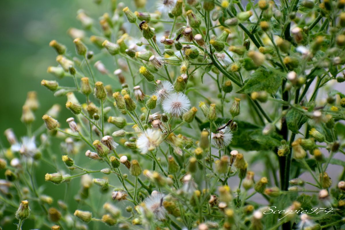 Nature, nature 974, nature Réunion, nature de la Réunion, nature à la Réunion, flore, flore 974, flore Réunion, flore de la Réunion, flore à la Réunion, flore introduit, flore introduit 974, flore introduit Réunion, flore introduit à la Réunion, flore introduit de la Réunion, flores introduits, flores introduits 974, flores introduits Réunion, flores introduits à la Réunion, flores introduits à la Réunion, fruit, fruit 974, fruit Réunion, fruit de la Réunion, fruit à la Réunion, Akène, Akène 974, Akène Réunion, Akène de la Réunion, Akène à la Réunion, Akène blanc, Akène blanc 974, Akène blanc Réunion, Akène blanc de la Réunion, Akène à la Réunion, fruit introduit, fruit introduit 974, fruit introduit Réunion, fruit introduit de la Réunion, fruit introduit à la Réunion, fruits, fruits 974, fruits Réunion, fruits de la Réunion, fruits à la Réunion, fruit introduit, fruit introduit 974, fruit introduit Réunion, fruit introduit de la Réunion, fruit introduit à la Réunion, fruits, fruits 974, fruits Réunion, fruits de la Réunion, fruits à la Réunion, fruits introduits, fruits introduits 974, fruits introduits Réunion, fruits introduits de la Réunion, fruit blanc, fruit blanc 974, fruit blanc Réunion, fruit blanc de la Réunion, fruit blanc à la Réunion, fruits blancs, fruits blancs 974, fruits blancs Réunion, fruits blancs de la Réunion, fruits blancs à la Réunion, fruit blanc pâle, fruit blanc pâle 974, fruit blanc pâle Réunion, fruit blanc pâle de la Réunion, fruit blanc pâle à la Réunion, fruits blancs pâles, fruits blancs pâles 974, fruits blancs pâles Réunion, fruits blancs pâles de la Réunion, fruits blancs pâles, à la Réunion, fruit blanc introduit, fruit blanc introduit 974, fruit blanc introduit Réunion, fruit blanc introduit de la Réunion, fruit blanc introduit à la Réunion, fruits blancs introduits, fruits blancs introduits 974, fruits blancs introduits Réunion, fruits blancs introduits de la Réunion, fruits blancs introduits à la Réunion, fruit blanc pâle introduit, fruit blanc pâle introduit 974, fruit blanc pâle introduit Réunion, fruit blanc pâle introduit de la Réunion, fruit blanc pâle introduit à la Réunion, fruits blancs pâles introduits, fruits blancs pâles introduits 974, fruits blancs pâles introduits Réunion, fruits blancs pâles introduits de la Réunion, fruits blancs pâles introduits à la Réunion, adventice, adventice 974, adventice Réunion, adventice de la Réunion, adventice à la Réunion, adventices, adventices 974, adventices de la Réunion, adventices Réunion, adventices à la Réunion, mauvaise herbe, mauvaise herbe 974, mauvaise herbe Réunion, mauvaise herbe de la Réunion, mauvaise herbe à la Réunion, mauvaises herbes, mauvaises herbes 974, mauvaises herbes Réunion, mauvaises herbes de la Réunion, mauvaises herbes à la Réunion, adventice à fruit blanc, adventice à fruit blanc 974, adventice à fruit blanc Réunion, adventice à fruit blanc de la Réunion, adventice à fruit blanc à la Réunion, adventices à fruits blancs, adventices à fruits blancs 974, adventices à fruits blancs Réunion, adventices à fruits blancs de la Réunion, adventices à fruits blancs à la Réunion, mauvaise herbe à fruit blanc, mauvaise herbe à fruit blanc 974, mauvaise herbe à fruit blanc Réunion, mauvaise herbe à fruit blanc de la Réunion, mauvaise herbe à fruit blanc à la Réunion, mauvaises herbes à fruits blancs, mauvaises herbes à fruits blancs 974, mauvaises herbes à fruits blancs Réunion, mauvaises herbes à fruits blancs de la Réunion, mauvaises herbes à fruits blancs à la Réunion, adventice à fruit blanc pâle, adventice à fruit blanc pâle 974, adventice à fruit blanc pâle Réunion, adventice à fruit blanc pâle à la Réunion, adventice à fruit blanc pâle de la Réunion, adventices à fruits blancs pâles, adventices à fruits blancs pâles 974, adventices à fruits blancs pâles Réunion, adventices à fruits blancs pâles de la Réunion, adventices à fruits blancs pâles à la Réunion, mauvaise herbe à fruit blanc pâle, mauvaise herbe à fruit blanc pâle 974, mauvaise herbe à fruit blanc pâle Réunion, mauvaise herbe à fruit blanc pâle de la Réunion, mauvaise herbe à fruit blanc pâle à la Réunion, mauvaises herbes à fruits blancs, mauvaises herbes à fruits blancs 974, mauvaises herbes à fruits blancs Réunion, mauvaises herbes à fruits blancs de la Réunion, mauvaises herbes à fruits blancs à la Réunion, adventice introduit, adventice introduit 974, adventice introduit Réunion, adventice introduit de la Réunion, adventice introduit à la Réunion, adventices introduits, adventices introduits 974, adventices introduits Réunion, adventices introduits de la Réunion, adventices introduits à la Réunion, mauvaises herbes introduits, mauvaises herbes introduits 974, mauvaises herbes introduits Réunion, mauvaises herbes introduits à la Réunion, mauvaises herbes introduits de la Réunion, mauvaise herbe introduit, mauvaise herbe introduit 974, mauvaise herbe introduit Réunion, mauvaise herbe introduit de la Réunion, mauvaise herbe introduit à la Réunion, adventice à fruit introduit 974, adventice à fruit introduit Réunion, adventice à fruit introduit de la Réunion, adventice à fruit introduit à la Réunion, adventices à fruits introduits, adventices à fruits introduits 974, adventices à fruits introduits Réunion, adventices à fruits introduits de la Réunion, adventices à fruits introduits à la Réunion, adventice à fruit blanc introduit 974, adventice à fruit blanc introduit Réunion, adventice à fruit blanc introduit de la Réunion, adventice à fruit blanc introduit à la Réunion, adventices à fruit blancs blancs introduits, adventices à fruit blancs blancs introduits 974, adventices à fruit blancs blancs introduits Réunion, adventices à fruit blancs blancs introduits de la Réunion, adventices à fruit blancs blancs introduits à la Réunion,adventice à fruit blanc pâle introduit 974, adventice à fruit blanc pâle introduit Réunion, adventice à fruit blanc pâle introduit de la Réunion, adventice à fruit blanc pâle introduit à la Réunion, adventices à fruit blancs pâles intromauvaise herbe à fruit introduit 974, mauvaise herbe à fruit introduit Réunion, mauvaise herbe à fruit introduit de la Réunion, mauvaise herbe à fruit introduit à la Réunion, mauvaises herbes à fruits introduits, mauvaises herbes à fruits introduits 974, mauvaises herbes à fruits introduits Réunion, mauvaises herbes à fruits introduits de la Réunion, mauvaises herbes à fruits introduits à la Réunion, adventices à fruit blancs pâles introduits, adventices à fruit blancs pâles introduits 974, adventices à fruit blancs pâles introduits Réunion, adventices à fruit blancs pâles introduits de la Réunion, adventices à fruit blancs pâles introduits à la Réunion, mauvaise herbe à fruit blanc introduit 974, mauvaise herbe à fruit blanc introduit Réunion, mauvaise herbe à fruit blanc introduit de la Réunion, mauvaise herbe à fruit blanc introduit à la Réunion, mauvaises herbes à fruit blancs blancs introduits, mauvaises herbes à fruit blancs blancs introduits 974, mauvaises herbes à fruit blancs blancs introduits Réunion, mauvaises herbes à fruit blancs blancs introduits de la Réunion, mauvaises herbes à fruit blancs blancs introduits à la Réunion, introduit, introduit 974, introduit Réunion, introduit de la Réunion, introduit à la Réunion, introduits, introduits 974, introduits Réunion, introduits à la Réunion, introduits de la Réunion, espèce introduit, espèce introduit 974, espèce introduit Réunion, espèce introduit de la Réunion, espèce introduit à la Réunion, espèces introduits, espèces introduits à la Réunion, espèces introduits 974, espèces introduits Réunion, espèces introduits de la Réunion, fruit blanc commune, fruit blanc commune 974, fruit blanc commune Réunion, fruit blanc commune de la Réunion, fruit blanc commune à la Réunion, fruits blancs communes, fruits blancs communes 974, fruits blancs communes Réunion, fruits blancs communes de la Réunion, fruits blancs communes à la Réunion, espèces florales, espèces florales 974, Réunion, espèces florales de la Réunion, espèces florales à la Réunion, espèce florale, espèce florale 974, Réunion, espèce florale de la Réunion, espèce florale à la Réunion, mauvaise herbe à fruit blanc envahissante, mauvaise herbe à fruit blanc envahissante 974, mauvaise herbe à fruit blanc envahissante Réunion, mauvaise herbe à fruit blanc envahissante de la Réunion, mauvaise herbe à fruit blanc envahissante à la Réunion, mauvaises herbes à fruits blancs envahissantes, mauvaises herbes à fruits blancs envahissantes 974, mauvaises herbes à fruits blancs envahissantes Réunion, mauvaises herbes à fruits blancs envahissantes de la Réunion, mauvaises herbes à fruits blancs envahissantes à la Réunion, communs, communs Réunion, communs 974, communs de la Réunion, communs à la Réunion, commun, commun 974, commun Réunion, commun de la Réunion, commun à la Réunion, espèces florales introduits, espèces florales introduits 974, espèces florales introduits Réunion, espèces florales introduits de la Réunion, espèces florales introduits à la Réunion, espèce florale introduit, espèce florale introduit 974, espèce florale introduit Réunion, espèce florale introduit de la Réunion, espèce florale introduit à la Réunion, espèce invasive, espèce invasive 974, espèce invasive Réunion, espèce invasive de la Réunion, espèce invasive à la Réunion, espèces invasives, espèces invasives 974, espèces invasives Réunion, espèces invasives de la Réunion, espèces invasives à la Réunion, espèces florales invasives, espèces florales invasives Réunion, espèces florales invasives de la Réunion, espèces florales invasives à la Réunion, espèce florale invasive, espèce florale invasive 974, espèce florale invasive Réunion, espèce florale invasive de la Réunion, espèce florale invasive à la Réunion, espèces florales envahissantes troisième, espèces florales envahissantes troisième 974, espèces florales envahissantes troisième Réunion, espèces florales envahissantes troisième de la Réunion, espèces florales envahissantes troisième à la Réunion, espèce florale envahissante troisième, espèce florale envahissante troisième 974, espèce florale envahissante troisième Réunion, espèce florale envahissante troisième de la Réunion, espèce florale envahissante troisième à la Réunion, espèces florales envahissantes de moyen niveau, espèces florales envahissantes de moyen niveau 974, espèces florales envahissantes de moyen niveau Réunion, espèces florales envahissantes de moyen niveau de la Réunion, espèces florales envahissantes de moyen niveau à la Réunion, espèce florale envahissante de moyen niveau, espèce florale envahissante de moyen niveau 974, espèce florale envahissante de moyen niveau Réunion, espèce florale envahissante de moyen niveau de la Réunion, espèce florale envahissante de moyen niveau à la Réunion, espèces florales nuisibles de niveau 3 sur 3, espèces florales nuisibles de niveau 3 sur 3 974, espèces florales nuisibles de niveau 3 sur 3 Réunion, espèces florales nuisibles de niveau 3 sur 3 de la Réunion, espèces florales nuisibles de niveau 3 sur 3 à la Réunion, espèce florale envahissante de trois sur trois, espèce florale envahissante de trois sur trois 974, espèce florale envahissante de trois sur trois Réunion, espèce florale envahissante de trois sur trois de la Réunion, espèce florale envahissante de trois sur trois à la Réunion, espèce florale envahissante de niveau 3 sur 3, espèce florale envahissante de niveau 3 sur 3 974, espèce florale envahissante de niveau 3 sur 3 Réunion, espèce florale envahissante de niveau 3 sur 3 de la Réunion, espèce florale envahissante de niveau 3 sur 3 à la Réunion, espèces florales envahissantes de niveau 3 sur 3, espèces florales envahissantes de niveau 3 sur 3 974, espèces florales envahissantes de niveau 3 sur 3 Réunion, espèces florales envahissantes de niveau 3 sur 3 de la Réunion, espèces florales envahissantes de niveau 3 sur 3 à la Réunion, espèces envahissantes de moyen niveau, espèces envahissantes de moyen niveau 974, espèces envahissantes de moyen niveau Réunion, espèces envahissantes de moyen niveau de la Réunion, espèces envahissantes de moyen niveau à la Réunion, espèce envahissante de moyen niveau, espèce envahissante de moyen niveau 974, espèce envahissante de moyen niveau Réunion, espèce envahissante de moyen niveau de la Réunion, espèce envahissante de moyen niveau à la Réunion, espèces envahissantes de niveau 3, espèces envahissantes de niveau 3 974, espèces envahissantes de niveau 3 Réunion, espèces envahissantes de niveau 3 de la Réunion, espèces envahissantes de niveau 3 à la Réunion, espèce envahissante de niveau 3, espèce envahissante de niveau 3 974, espèce envahissante de niveau 3 Réunion, espèce envahissante de niveau 3 de la Réunion, espèce envahissante de niveau 3 à la Réunion, espèces envahissantes de trois sur trois, espèces envahissantes de trois sur trois 974, espèces envahissantes de trois sur trois Réunion, espèces envahissantes de trois sur trois de la Réunion, espèces envahissantes de trois sur trois à la Réunion, espèce envahissante de trois sur trois, espèce envahissante de trois sur trois 974, espèce envahissante de trois sur trois Réunion, espèce envahissante de trois sur trois de la Réunion, espèce envahissante de trois sur trois à la Réunion, espèces envahissantes de niveau 3 sur 3, espèces envahissantes de niveau 3 sur 3 974, espèces envahissantes de niveau 3 sur 3 Réunion, espèces envahissantes de niveau 3 sur 3 de la Réunion, espèces envahissantes de niveau 3 sur 3 à la Réunion, espèce envahissante de niveau 3 sur 3, espèce envahissante de niveau 3 sur 3 974, espèce envahissante de niveau 3 sur 3 Réunion, espèce envahissante de niveau 3 sur 3 de la Réunion, espèce envahissante de niveau 3 sur 3 à la Réunion, espèces de fruits invasives, espèces de fruits invasives 974, espèces de fruits invasives Réunion, espèces de fruits invasives de la Réunion, espèces de fruits invasives à la Réunion, espèce de fruit invasive, espèce de fruit invasive 974, espèce de fruit invasive Réunion, espèce de fruit invasive de la Réunion, espèce de fruit invasive à la Réunion, nuisible, nuisible 974, nuisible Réunion, nuisible de la Réunion, nuisible à la Réunion, nuisibles, nuisibles 974, nuisibles Réunion, nuisibles de la Réunion, nuisibles à la Réunion, espèce nuisible, espèce nuisible 974, espèce nuisible Réunion, espèce nuisible de la Réunion, espèce nuisible à la Réunion, espèces nuisibles, espèces nuisibles 974, espèces nuisibles Réunion, espèces nuisibles de la Réunion, espèces nuisibles à la Réunion, flore magnifique, flore magnifique Réunion, flore magnifique de la Réunion, flore magnifique à la Réunion, espèces fruits invasives, espèces fruits invasives 974, espèces fruits invasives Réunion, espèces fruits invasives de la Réunion, espèces fruits invasives à la Réunion, espèce fruit invasive, espèce fruit invasive 974, espèce fruit invasive Réunion, espèce fruit invasive de la Réunion, espèce fruit invasive à la Réunion, flore invasives, flore invasives 974, flore invasives Réunion, flore invasives de la Réunion, flore invasives à la Réunion, fruit invasive, fruit invasive 974, fruit invasive Réunion, fruit invasive de la Réunion, fruit invasive à la Réunion, fruits invasives, fruits invasives Réunion, fruits invasives de la Réunion, fruits invasives à la Réunion, petite fruit, petite fruit 974, petite fruit Réunion, petite fruit de la Réunion, petite fruit à la Réunion, petite fruit introduit, petite fruit introduit 974, petite fruit introduit Réunion, petite fruit introduit de la Réunion, petite fruit introduit à la Réunion, petites fruits, petites fruits 974, petites fruits Réunion, petites fruits de la Réunion, petites fruits à la Réunion, petite fruit introduit, petite fruit introduit 974, petite fruit introduit Réunion, petite fruit introduit de la Réunion, petite fruit introduit à la Réunion, petites fruits, petites fruits 974, petites fruits Réunion, petites fruits de la Réunion, petites fruits à la Réunion, petites fruits introduits, petites fruits introduits 974, petites fruits introduits Réunion, petites fruits introduits de la Réunion, petite fruit blanc, petite fruit blanc 974, petite fruit blanc Réunion, petite fruit blanc de la Réunion, petite fruit blanc à la Réunion, petites fruits blancs, petites fruits blancs 974, petites fruits blancs Réunion, petites fruits blancs de la Réunion, petites fruits blancs à la Réunion, petite fruit blanc pâle, petite fruit blanc pâle 974, petite fruit blanc pâle Réunion, petite fruit blanc pâle de la Réunion, petite fruit blanc pâle à la Réunion, petites fruits blancs pâles, petites fruits blancs pâles 974, petites fruits blancs pâles Réunion, petites fruits blancs pâles de la Réunion, petites fruits blancs pâles, à la Réunion, petite fruit blanc introduit, petite fruit blanc introduit 974, petite fruit blanc introduit Réunion, petite fruit blanc introduit de la Réunion, petite fruit blanc introduit à la Réunion, petites fruits blancs introduits, petites fruits blancs introduits 974, petites fruits blancs introduits Réunion, petites fruits blancs introduits de la Réunion, petites fruits blancs introduits à la Réunion, petite fruit blanc pâle introduit, petite fruit blanc pâle introduit 974, petite fruit blanc pâle introduit Réunion, petite fruit blanc pâle introduit de la Réunion, petite fruit blanc pâle introduit à la Réunion, petites fruits blancs pâles introduits, petites fruits blancs pâles introduits 974, petites fruits blancs pâles introduits Réunion, petites fruits blancs pâles introduits de la Réunion, petites fruits blancs pâles introduits à la Réunion, adventice à petite fruit blanc, adventice à petite fruit blanc 974, adventice à petite fruit blanc Réunion, adventice à petite fruit blanc de la Réunion, adventice à petite fruit blanc à la Réunion, adventices à petites fruits blancs, adventices à petites fruits blancs 974, adventices à petites fruits blancs Réunion, adventices à petites fruits blancs de la Réunion, adventices à petites fruits blancs à la Réunion, mauvaise herbe à petite fruit blanc, mauvaise herbe à petite fruit blanc 974, mauvaise herbe à petite fruit blanc Réunion, mauvaise herbe à petite fruit blanc de la Réunion, mauvaise herbe à petite fruit blanc à la Réunion, mauvaises herbes à petites fruits blancs, mauvaises herbes à petites fruits blancs 974, mauvaises herbes à petites fruits blancs Réunion, mauvaises herbes à petites fruits blancs de la Réunion, mauvaises herbes à petites fruits blancs à la Réunion, adventice à petite fruit blanc pâle, adventice à petite fruit blanc pâle 974, adventice à petite fruit blanc pâle Réunion, adventice à petite fruit blanc pâle à la Réunion, adventice à petite fruit blanc pâle de la Réunion, adventices à petites fruits blancs pâles, adventices à petites fruits blancs pâles 974, adventices à petites fruits blancs pâles Réunion, adventices à petites fruits blancs pâles de la Réunion, adventices à petites fruits blancs pâles à la Réunion, mauvaise herbe à petite fruit blanc pâle, mauvaise herbe à petite fruit blanc pâle 974, mauvaise herbe à petite fruit blanc pâle Réunion, mauvaise herbe à petite fruit blanc pâle de la Réunion, mauvaise herbe à petite fruit blanc pâle à la Réunion, mauvaises herbes à petites fruits blancs, mauvaises herbes à petites fruits blancs 974, mauvaises herbes à petites fruits blancs Réunion, mauvaises herbes à petites fruits blancs de la Réunion, mauvaises herbes à petites fruits blancs à la Réunion, adventice à petite fruit introduit 974, adventice à petite fruit introduit Réunion, adventice à petite fruit introduit de la Réunion, adventice à petite fruit introduit à la Réunion, adventices à petites fruits introduits, adventices à petites fruits introduits 974, adventices à petites fruits introduits Réunion, adventices à petites fruits introduits de la Réunion, adventices à petites fruits introduits à la Réunion, adventice à petite fruit blanc introduit 974, adventice à petite fruit blanc introduit Réunion, adventice à petite fruit blanc introduit de la Réunion, adventice à petite fruit blanc introduit à la Réunion, adventices à petite fruit blancs blancs introduits, adventices à petite fruit blancs blancs introduits 974, adventices à petite fruit blancs blancs introduits Réunion, adventices à petite fruit blancs blancs introduits de la Réunion, adventices à petite fruit blancs blancs introduits à la Réunion,adventice à petite fruit blanc pâle introduit 974, adventice à petite fruit blanc pâle introduit Réunion, adventice à petite fruit blanc pâle introduit de la Réunion, adventice à petite fruit blanc pâle introduit à la Réunion, adventices à petite fruit blanc pâles blanc pâles intromauvaise herbe à petite fruit introduit 974, mauvaise herbe à petite fruit introduit Réunion, mauvaise herbe à petite fruit introduit de la Réunion, mauvaise herbe à petite fruit introduit à la Réunion, mauvaises herbes à petites fruits introduits, mauvaises herbes à petites fruits introduits 974, mauvaises herbes à petites fruits introduits Réunion, mauvaises herbes à petites fruits introduits de la Réunion, mauvaises herbes à petites fruits introduits à la Réunion, adventices à petite fruit blancs pâles introduits, adventices à petite fruit blancs pâles introduits 974, adventices à petite fruit blancs pâles introduits Réunion, adventices à petite fruit blancs pâles introduits de la Réunion, adventices à petite fruit blancs pâles introduits à la Réunion, mauvaise herbe à petite fruit blanc introduit 974, mauvaise herbe à petite fruit blanc introduit Réunion, mauvaise herbe à petite fruit blanc introduit de la Réunion, mauvaise herbe à petite fruit blanc introduit à la Réunion, mauvaises herbes à petite fruit blancs blancs introduits, mauvaises herbes à petite fruit blancs blancs introduits 974, mauvaises herbes à petite fruit blancs blancs introduits Réunion, mauvaises herbes à petite fruit blancs blancs introduits de la Réunion, mauvaises herbes à petite fruit blancs blancs introduits à la Réunion, petite fruit blanc commune, petite fruit blanc commune 974, petite fruit blanc commune Réunion, petite fruit blanc commune de la Réunion, petite fruit blanc commune à la Réunion, petites fruits blancs communes, petites fruits blancs communes 974, petites fruits blancs communes Réunion, petites fruits blancs communes de la Réunion, petites fruits blancs communes à la Réunion, mauvaise herbe à petite fruit blanc envahissante, mauvaise herbe à petite fruit blanc envahissante 974, mauvaise herbe à petite fruit blanc envahissante Réunion, mauvaise herbe à petite fruit blanc envahissante de la Réunion, mauvaise herbe à petite fruit blanc envahissante à la Réunion, mauvaises herbes à petites fruits blancs envahissantes, mauvaises herbes à petites fruits blancs envahissantes 974, mauvaises herbes à petites fruits blancs envahissantes Réunion, mauvaises herbes à petites fruits blancs envahissantes de la Réunion, mauvaises herbes à petites fruits blancs envahissantes à la Réunion, espèces de petites fruits invasives, espèces de petites fruits invasives 974, espèces de petites fruits invasives Réunion, espèces de petites fruits invasives de la Réunion, espèces de petites fruits invasives à la Réunion, espèce de petite fruit invasive, espèce de petite fruit invasive 974, espèce de petite fruit invasive Réunion, espèce de petite fruit invasive de la Réunion, espèce de petite fruit invasive à la Réunion, espèces petites fruits invasives, espèces petites fruits invasives 974, espèces petites fruits invasives Réunion, espèces petites fruits invasives de la Réunion, espèces petites fruits invasives à la Réunion, espèce petite fruit invasive, espèce petite fruit invasive 974, espèce petite fruit invasive Réunion, espèce petite fruit invasive de la Réunion, espèce petite fruit invasive à la Réunion, petite fruit invasive, petite fruit invasive 974, petite fruit invasive Réunion, petite fruit invasive de la Réunion, petite fruit invasive à la Réunion, petites fruits invasives, petites fruits invasives Réunion, petites fruits invasives de la Réunion, petites fruits invasives à la Réunion, Asterales, Asterales 974, Asterales Réunion, Asterales de la Réunion, Asterales à la Réunion, Asteraceae, Asteraceae 974, Asteraceae Réunion, Asteraceae de la Réunion, Asteraceae à la Réunion, Erigeron, Erigeron 974, Erigeron Réunion, Erigeron de la Réunion, Erigeron à la Réunion, Erigeron sumatrensis, Erigeron sumatrensis 974, Erigeron sumatrensis Réunion, Erigeron sumatrensis de la Réunion, Erigeron sumatrensis à la Réunion, Erigeron sumatrensis Retz., Erigeron sumatrensis Retz. 974, Erigeron sumatrensis Retz. Réunion, Erigeron sumatrensis Retz. de la Réunion, Erigeron sumatrensis Retz. à la Réunion, Erigeron sumatrensis Retz. 1810, Erigeron sumatrensis Retz. 1810 974, Erigeron sumatrensis Retz. 1810 Réunion, Erigeron sumatrensis Retz. 1810 de la Réunion, Erigeron sumatrensis Retz. 1810 à la Réunion, Erigeron sumatrensis (Retz., 1810), Erigeron sumatrensis (Retz., 1810) 974, Erigeron sumatrensis (Retz., 1810) Réunion, Erigeron sumatrensis (Retz., 1810) à la Réunion, Conyza, Conyza 974, Conyza Réunion, Conyza de la Réunion, Conyza à la Réunion, Conyza albida, Conyza albida 974, Conyza albida Réunion, Conyza albida de la Réunion, Conyza albida à la Réunion, Conyza albida Willd. ex Spreng., Conyza albida Willd. ex Spreng. 974, Conyza albida Willd. ex Spreng. Réunion, Conyza albida Willd. ex Spreng. de la Réunion, Conyza albida Willd. ex Spreng. à la Réunion, Conyza albida Willd. ex Spreng. 1826, Conyza albida Willd. ex Spreng. 1826 974, Conyza albida Willd. ex Spreng. 1826 Réunion, Conyza albida Willd. ex Spreng. 1826 de la Réunion, Conyza albida Willd. ex Spreng. 1826 à la Réunion, Conyza albida (Willd. ex Spreng., 1826), Conyza albida (Willd. ex Spreng., 1826) 974, Conyza albida (Willd. ex Spreng., 1826) Réunion, Conyza albida (Willd. ex Spreng., 1826) à la Réunion, Conyza albida (Willd. ex Spreng., 1826) de la Réunion, Erigeron sumatrensis (Retz., 1810) de la Réunion, Conyza, Conyza 974, Conyza Réunion, Conyza de la Réunion, Conyza à la Réunion, Conyza albida, Conyza albida 974, Conyza albida Réunion, Conyza albida de la Réunion, Conyza albida à la Réunion, Conyza albida Willd. ex Spreng., Conyza albida Willd. ex Spreng. 974, Conyza albida Willd. ex Spreng. Réunion, Conyza albida Willd. ex Spreng. de la Réunion, Conyza albida Willd. ex Spreng. à la Réunion, Conyza albida Willd. ex Spreng. 1826, Conyza albida Willd. ex Spreng. 1826 974, Conyza albida Willd. ex Spreng. 1826 Réunion, Conyza albida Willd. ex Spreng. 1826 de la Réunion, Conyza albida Willd. ex Spreng. 1826 à la Réunion, Conyza albida (Willd. ex Spreng., 1826), Conyza albida (Willd. ex Spreng., 1826) 974, Conyza albida (Willd. ex Spreng., 1826) Réunion, Conyza albida (Willd. ex Spreng., 1826) à la Réunion, Conyza albida (Willd. ex Spreng., 1826) de la Réunion, Conyza barciononensis, Conyza barciononensis 974, Conyza barciononensis Réunion, Conyza barciononensis de la Réunion, Conyza barciononensis à la Réunion, Conyza barciononensis Sennen, Conyza barciononensis Sennen 974, Conyza barciononensis Sennen Réunion, Conyza barciononensis Sennen de la Réunion, Conyza barciononensis Sennen à la Réunion, Conyza barciononensis Sennen 1916, Conyza barciononensis Sennen 1916 974, Conyza barciononensis Sennen 1916 Réunion, Conyza barciononensis Sennen 1916 de la Réunion, Conyza barciononensis Sennen 1916 à la Réunion, Conyza barciononensis (Sennen, 1916), Conyza barciononensis (Sennen, 1916) 974, Conyza barciononensis (Sennen, 1916) Réunion, Conyza barciononensis (Sennen, 1916) à la Réunion, Conyza barciononensis (Sennen, 1916) de la Réunion, Conyza altissima, Conyza altissima 974, Conyza altissima Réunion, Conyza altissima de la Réunion, Conyza altissima à la Réunion, Conyza altissima Naudin & Debeaux ex Debeaux, Conyza altissima Naudin & Debeaux ex Debeaux 974, Conyza altissima Naudin & Debeaux ex Debeaux Réunion, Conyza altissima Naudin & Debeaux ex Debeaux de la Réunion, Conyza altissima Naudin & Debeaux ex Debeaux à la Réunion, Conyza altissima Naudin & Debeaux ex Debeaux 1880, Conyza altissima Naudin & Debeaux ex Debeaux 1880 974, Conyza altissima Naudin & Debeaux ex Debeaux 1880 Réunion, Conyza altissima Naudin & Debeaux ex Debeaux 1880 de la Réunion, Conyza altissima Naudin & Debeaux ex Debeaux 1880 à la Réunion, Conyza altissima (Naudin & Debeaux ex Debeaux, 1880), Conyza altissima (Naudin & Debeaux ex Debeaux, 1880) 974, Conyza altissima (Naudin & Debeaux ex Debeaux, 1880) Réunion, Conyza altissima (Naudin & Debeaux ex Debeaux, 1880) à la Réunion, Conyza altissima (Naudin & Debeaux ex Debeaux, 1880) de la Réunion, Conyza capillipes, Conyza capillipes 974, Conyza capillipes Réunion, Conyza capillipes de la Réunion, Conyza capillipes à la Réunion, Conyza capillipes S.Moore, Conyza capillipes S.Moore 974, Conyza capillipes S.Moore Réunion, Conyza capillipes S.Moore de la Réunion, Conyza capillipes S.Moore à la Réunion, Conyza capillipes S.Moore 1895, Conyza capillipes S.Moore 1895 974, Conyza capillipes S.Moore 1895 Réunion, Conyza capillipes S.Moore 1895 de la Réunion, Conyza capillipes S.Moore 1895 à la Réunion, Conyza capillipes (S.Moore, 1895), Conyza capillipes (S.Moore, 1895) 974, Conyza capillipes (S.Moore, 1895) Réunion, Conyza capillipes (S.Moore, 1895) à la Réunion, Conyza capillipes (S.Moore, 1895) de la Réunion, Conyza erigeroides, Conyza erigeroides 974, Conyza erigeroides Réunion, Conyza erigeroides de la Réunion, Conyza erigeroides à la Réunion, Conyza erigeroides DC., Conyza erigeroides DC. 974, Conyza erigeroides DC. Réunion, Conyza erigeroides DC. de la Réunion, Conyza erigeroides DC. à la Réunion, Conyza erigeroides DC. 1836, Conyza erigeroides DC. 1836 974, Conyza erigeroides DC. 1836 Réunion, Conyza erigeroides DC. 1836 de la Réunion, Conyza erigeroides DC. 1836 à la Réunion, Conyza erigeroides (DC., 1836), Conyza erigeroides (DC., 1836) 974, Conyza erigeroides (DC., 1836) Réunion, Conyza erigeroides (DC., 1836) à la Réunion, Conyza erigeroides (DC., 1836) de la Réunion, Conyza flahaultiana, Conyza flahaultiana 974, Conyza flahaultiana Réunion, Conyza flahaultiana de la Réunion, Conyza flahaultiana à la Réunion, Conyza flahaultiana Sennen, Conyza flahaultiana Sennen 974, Conyza flahaultiana Sennen Réunion, Conyza flahaultiana Sennen de la Réunion, Conyza flahaultiana Sennen à la Réunion, Conyza flahaultiana Sennen 1905, Conyza flahaultiana Sennen 1905 974, Conyza flahaultiana Sennen 1905 Réunion, Conyza flahaultiana Sennen 1905 de la Réunion, Conyza flahaultiana Sennen 1905 à la Réunion, Conyza flahaultiana (Sennen, 1905), Conyza flahaultiana (Sennen, 1905) 974, Conyza flahaultiana (Sennen, 1905) Réunion, Conyza flahaultiana (Sennen, 1905) à la Réunion, Conyza flahaultiana (Sennen, 1905) de la Réunion, Erigeron, Erigeron 974, Erigeron Réunion, Erigeron de la Réunion, Erigeron à la Réunion, Erigeron albidus, Erigeron albidus 974, Erigeron albidus Réunion, Erigeron albidus de la Réunion, Erigeron albidus à la Réunion, Erigeron albidus (Willd. ex Spreng.) A.Gray, Erigeron albidus (Willd. ex Spreng.) A.Gray 974, Erigeron albidus (Willd. ex Spreng.) A.Gray Réunion, Erigeron albidus (Willd. ex Spreng.) A.Gray de la Réunion, Erigeron albidus (Willd. ex Spreng.) A.Gray à la Réunion, Erigeron albidus (Willd. ex Spreng.) A.Gray 1862, Erigeron albidus (Willd. ex Spreng.) A.Gray 1862 974, Erigeron albidus (Willd. ex Spreng.) A.Gray 1862 Réunion, Erigeron albidus (Willd. ex Spreng.) A.Gray 1862 de la Réunion, Erigeron albidus (Willd. ex Spreng.) A.Gray 1862 à la Réunion, Erigeron albidus ((Willd. ex Spreng.) A.Gray, 1862), Erigeron albidus ((Willd. ex Spreng.) A.Gray, 1862) 974, Erigeron albidus ((Willd. ex Spreng.) A.Gray, 1862) Réunion, Erigeron albidus ((Willd. ex Spreng.) A.Gray, 1862) à la Réunion, Erigeron albidus ((Willd. ex Spreng.) A.Gray, 1862) de la Réunion, Erigeron albidus (Willd. ex Spreng., 1862) de la Réunion, Erigeron crispus subp. naudinii, Erigeron crispus subp. naudinii 974, Erigeron crispus subp. naudinii Réunion, Erigeron crispus subp. naudinii de la Réunion, Erigeron crispus subp. naudinii à la Réunion, Erigeron crispus subp. naudinii (Bonnet) Bonnier, Erigeron crispus subp. naudinii (Bonnet) Bonnier 974, Erigeron crispus subp. naudinii (Bonnet) Bonnier Réunion, Erigeron crispus subp. naudinii (Bonnet) Bonnier de la Réunion, Erigeron crispus subp. naudinii (Bonnet) Bonnier à la Réunion, Erigeron crispus subp. naudinii (Bonnet) Bonnier 1922, Erigeron crispus subp. naudinii (Bonnet) Bonnier 1922 974, Erigeron crispus subp. naudinii (Bonnet) Bonnier 1922 Réunion, Erigeron crispus subp. naudinii (Bonnet) Bonnier 1922 de la Réunion, Erigeron crispus subp. naudinii (Bonnet) Bonnier 1922 à la Réunion, Erigeron crispus subp. naudinii ((Bonnet) Bonnier, 1922), Erigeron crispus subp. naudinii ((Bonnet) Bonnier, 1922) 974, Erigeron crispus subp. naudinii ((Bonnet) Bonnier, 1922) Réunion, Erigeron crispus subp. naudinii ((Bonnet) Bonnier, 1922) à la Réunion, Erigeron crispus subp. naudinii ((Bonnet) Bonnier, 1922) de la Réunion, Erigeron flahaultianus, Erigeron flahaultianus 974, Erigeron flahaultianus Réunion, Erigeron flahaultianus de la Réunion, Erigeron flahaultianus à la Réunion, Erigeron flahaultianus (Sennen) Thell., Erigeron flahaultianus (Sennen) Thell. 974, Erigeron flahaultianus (Sennen) Thell. Réunion, Erigeron flahaultianus (Sennen) Thell. de la Réunion, Erigeron flahaultianus (Sennen) Thell. à la Réunion, Erigeron flahaultianus (Sennen) Thell. 1912, Erigeron flahaultianus (Sennen) Thell. 1912 974, Erigeron flahaultianus (Sennen) Thell. 1912 Réunion, Erigeron flahaultianus (Sennen) Thell. 1912 de la Réunion, Erigeron flahaultianus (Sennen) Thell. 1912 à la Réunion, Erigeron flahaultianus ((Sennen) Thell., 1912), Erigeron flahaultianus ((Sennen) Thell., 1912) 974, Erigeron flahaultianus ((Sennen) Thell., 1912) Réunion, Erigeron flahaultianus ((Sennen) Thell., 1912) à la Réunion, Erigeron flahaultianus ((Sennen) Thell., 1912) de la Réunion, Erigeron musashiensis, Erigeron musashiensis 974, Erigeron musashiensis Réunion, Erigeron musashiensis de la Réunion, Erigeron musashiensis à la Réunion, Erigeron musashiensis Makino, Erigeron musashiensis Makino 974, Erigeron musashiensis Makino Réunion, Erigeron musashiensis Makino de la Réunion, Erigeron musashiensis Makino à la Réunion, Erigeron musashiensis Makino 1926, Erigeron musashiensis Makino 1926 974, Erigeron musashiensis Makino 1926 Réunion, Erigeron musashiensis Makino 1926 de la Réunion, Erigeron musashiensis Makino 1926 à la Réunion, Erigeron musashiensis (Makino, 1926), Erigeron musashiensis (Makino, 1926) 974, Erigeron musashiensis (Makino, 1926) Réunion, Erigeron musashiensis (Makino, 1926) à la Réunion, Erigeron musashiensis (Makino, 1926) de la Réunion, Erigeron naudinii, Erigeron naudinii 974, Erigeron naudinii Réunion, Erigeron naudinii de la Réunion, Erigeron naudinii à la Réunion, Erigeron naudinii (Bonnet) P.Fourn., Erigeron naudinii (Bonnet) P.Fourn. 974, Erigeron naudinii (Bonnet) P.Fourn. Réunion, Erigeron naudinii (Bonnet) P.Fourn. de la Réunion, Erigeron naudinii (Bonnet) P.Fourn. à la Réunion, Erigeron naudinii (Bonnet) P.Fourn. 1939, Erigeron naudinii (Bonnet) P.Fourn. 1939 974, Erigeron naudinii (Bonnet) P.Fourn. 1939 Réunion, Erigeron naudinii (Bonnet) P.Fourn. 1939 de la Réunion, Erigeron naudinii (Bonnet) P.Fourn. 1939 à la Réunion, Erigeron naudinii ((Bonnet) P.Fourn., 1939), Erigeron naudinii ((Bonnet) P.Fourn., 1939) 974, Erigeron naudinii ((Bonnet) P.Fourn., 1939) Réunion, Erigeron naudinii ((Bonnet) P.Fourn., 1939) à la Réunion, Erigeron naudinii ((Bonnet) P.Fourn., 1939) de la Réunion, Conyza naudinii, Conyza naudinii 974, Conyza naudinii Réunion, Conyza naudinii de la Réunion, Conyza naudinii à la Réunion, Conyza naudinii Bonnet, Conyza naudinii Bonnet 974, Conyza naudinii Bonnet Réunion, Conyza naudinii Bonnet de la Réunion, Conyza naudinii Bonnet à la Réunion, Conyza naudinii Bonnet 1878, Conyza naudinii Bonnet 1878 974, Conyza naudinii Bonnet 1878 Réunion, Conyza naudinii Bonnet 1878 de la Réunion, Conyza naudinii Bonnet 1878 à la Réunion, Conyza naudinii (Bonnet, 1878), Conyza naudinii (Bonnet, 1878) 974, Conyza naudinii (Bonnet, 1878) Réunion, Conyza naudinii (Bonnet, 1878) à la Réunion, Conyza naudinii (Bonnet, 1878) de la Réunion, Conyza sumatrensis, Conyza sumatrensis 974, Conyza sumatrensis Réunion, Conyza sumatrensis de la Réunion, Conyza sumatrensis à la Réunion, Conyza sumatrensis (Retz.) E.Walker, Conyza sumatrensis (Retz.) E.Walker 974, Conyza sumatrensis (Retz.) E.Walker Réunion, Conyza sumatrensis (Retz.) E.Walker de la Réunion, Conyza sumatrensis (Retz.) E.Walker à la Réunion, Conyza sumatrensis (Retz.) E.Walker 1971, Conyza sumatrensis (Retz.) E.Walker 1971 974, Conyza sumatrensis (Retz.) E.Walker 1971 Réunion, Conyza sumatrensis (Retz.) E.Walker 1971 de la Réunion, Conyza sumatrensis (Retz.) E.Walker 1971 à la Réunion, Conyza sumatrensis ((Retz.) E.Walker, 1971), Conyza sumatrensis ((Retz.) E.Walker, 1971) 974, Conyza sumatrensis ((Retz.) E.Walker, 1971) Réunion, Conyza sumatrensis ((Retz.) E.Walker, 1971) à la Réunion, Conyza sumatrensis ((Retz.) E.Walker, 1971) de la Réunion, Sari feliki guizi keli, Sari saladi, Guernsey, Vergerette de Barcelone, Vergerette de Barcelone 974, Vergerette de Barcelone Réunion, Vergerette de Barcelone de la Réunion, Vergerette de Barcelone à la Réunion