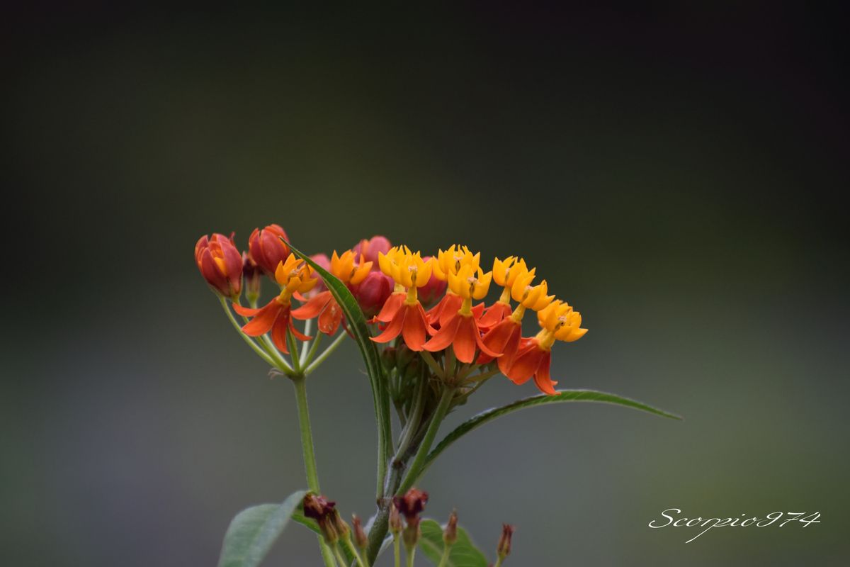 Nature, Nature 974, Nature de la Réunion, Nature à la Réunion, Flore, Flore 974, Flore Réunion, Flore de la Réunion, Flore à la Réunion, Flore indigène, Flore indigène 974, Flore indigène Réunion, Flore indigène de la Réunion, Flore indigène à la Réunion, Fleur, Fleur 974,  Fleur Réunion, Fleur de la Réunion, fleur à la Réunion, fleurs, fleurs 974, fleurs Réunion, fleurs de la Réunion, fleurs à la Réunion, fleur jaune, fleur jaune 974,  fleur jaune Réunion, fleur jaune de la Réunion, fleur jaune à la Réunion, fleur orangée, fleur orangée 974,  fleur orangée Réunion, fleur orangée de la Réunion, fleur orangée à la Réunion, fleur rouge, fleur rouge 974,  fleur rouge Réunion, fleur rouge de la Réunion, fleur rouge à la Réunion, fleur jaune et rouge, fleur jaune et rouge 974,  fleur jaune et rouge Réunion, fleur jaune et rouge de la Réunion, fleur jaune et rouge à la Réunion, fleur orangée et rouge, fleur orangée et rouge 974,  fleur orangée et rouge Réunion, fleur orangée et rouge de la Réunion, fleur orangée et rouge à la Réunion, fleur jaune et orangée, fleur jaune et orangée 974,  fleur jaune et orangée Réunion, fleur jaune et orangée de la Réunion, fleur jaune et orangée à la Réunion, espèce florale, espèce florale 974,  espèce florale Réunion, espèce florale de la Réunion, espèce florale à la Réunion,espèce florale jaune, espèce florale jaune 974,  espèce florale jaune Réunion, espèce florale jaune de la Réunion, espèce florale jaune à la Réunion, espèce florale orangée, espèce florale orangée 974,  espèce florale orangée Réunion, espèce florale orangée de la Réunion, espèce florale orangée à la Réunion, espèce florale rouge, espèce florale rouge 974,  espèce florale rouge Réunion, espèce florale rouge de la Réunion, espèce florale rouge à la Réunion, espèce florale jaune et rouge, espèce florale jaune et rouge 974,  espèce florale jaune et rouge Réunion, espèce florale jaune et rouge de la Réunion, espèce florale jaune et rouge à la Réunion, espèce florale orangée et rouge, espèce florale orangée et rouge 974,  espèce florale orangée et rouge Réunion, espèce florale orangée et rouge de la Réunion, espèce florale orangée et rouge à la Réunion, espèce florale jaune et orangée, espèce florale jaune et orangée 974,  espèce florale jaune et orangée Réunion, espèce florale jaune et orangée de la Réunion, espèce florale jaune et orangée à la Réunion, petite fleur, petite fleur 974,  petite fleur Réunion, petite fleur de la Réunion, petite fleur à la Réunion,petite fleur jaune, petite fleur jaune 974,  petite fleur jaune Réunion, petite fleur jaune de la Réunion, petite fleur jaune à la Réunion, petite fleur orangée, petite fleur orangée 974,  petite fleur orangée Réunion, petite fleur orangée de la Réunion, petite fleur orangée à la Réunion, petite fleur rouge, petite fleur rouge 974,  petite fleur rouge Réunion, petite fleur rouge de la Réunion, petite fleur rouge à la Réunion, petite fleur jaune et rouge, petite fleur jaune et rouge 974,  petite fleur jaune et rouge Réunion, petite fleur jaune et rouge de la Réunion, petite fleur jaune et rouge à la Réunion, petite fleur orangée et rouge, petite fleur orangée et rouge 974,  petite fleur orangée et rouge Réunion, petite fleur orangée et rouge de la Réunion, petite fleur orangée et rouge à la Réunion, petite fleur jaune et orangée, petite fleur jaune et orangée 974,  petite fleur jaune et orangée Réunion, petite fleur jaune et orangée de la Réunion, petite fleur jaune et orangée à la Réunion, fleurs jaunes, fleurs jaunes 974,  fleurs jaunes Réunion, fleurs jaunes de la Réunion, fleurs jaunes à la Réunion, fleurs orangées, fleurs orangées 974,  fleurs orangées Réunion, fleurs orangées de la Réunion, fleurs orangées à la Réunion, fleurs rouges, fleurs rouges 974,  fleurs rouges Réunion, fleurs rouges de la Réunion, fleurs rouges à la Réunion, fleurs jaunes et rouges, fleurs jaunes et rouges 974,  fleurs jaunes et rouges Réunion, fleurs jaunes et rouges de la Réunion, fleurs jaunes et rouges à la Réunion, fleurs orangées et rouges, fleurs orangées et rouges 974,  fleurs orangées et rouges Réunion, fleurs orangées et rouges de la Réunion, fleurs orangées et rouges à la Réunion, fleurs jaunes et orangées, fleurs jaunes et orangées 974,  fleurs jaunes et orangées Réunion, fleurs jaunes et orangées de la Réunion, fleurs jaunes et orangées à la Réunion, espèces florales, espèces florales 974,  espèces florales Réunion, espèces florales de la Réunion, espèces florales à la Réunion,espèces florales jaunes, espèces florales jaunes 974,  espèces florales jaunes Réunion, espèces florales jaunes de la Réunion, espèces florales jaunes à la Réunion, espèces florales orangées, espèces florales orangées 974,  espèces florales orangées Réunion, espèces florales orangées de la Réunion, espèces florales orangées à la Réunion, espèces florales rouges, espèces florales rouges 974,  espèces florales rouges Réunion, espèces florales rouges de la Réunion, espèces florales rouges à la Réunion, espèces florales jaunes et rouges, espèces florales jaunes et rouges 974,  espèces florales jaunes et rouges Réunion, espèces florales jaunes et rouges de la Réunion, espèces florales jaunes et rouges à la Réunion, espèces florales orangées et rouges, espèces florales orangées et rouges 974,  espèces florales orangées et rouges Réunion, espèces florales orangées et rouges de la Réunion, espèces florales orangées et rouges à la Réunion, espèces florales jaunes et orangées, espèces florales jaunes et orangées 974,  espèces florales jaunes et orangées Réunion, espèces florales jaunes et orangées de la Réunion, espèces florales jaunes et orangées à la Réunion, petites fleurs, petites fleurs 974,  petites fleurs Réunion, petites fleurs de la Réunion, petites fleurs à la Réunion,petites fleurs jaunes, petites fleurs jaunes 974,  petites fleurs jaunes Réunion, petites fleurs jaunes de la Réunion, petites fleurs jaunes à la Réunion, petites fleurs orangées, petites fleurs orangées 974,  petites fleurs orangées Réunion, petites fleurs orangées de la Réunion, petites fleurs orangées à la Réunion, petites fleurs rouges, petites fleurs rouges 974,  petites fleurs rouges Réunion, petites fleurs rouges de la Réunion, petites fleurs rouges à la Réunion, petites fleurs jaunes et rouges, petites fleurs jaunes et rouges 974,  petites fleurs jaunes et rouges Réunion, petites fleurs jaunes et rouges de la Réunion, petites fleurs jaunes et rouges à la Réunion, petites fleurs orangées et rouges, petites fleurs orangées et rouges 974,  petites fleurs orangées et rouges Réunion, petites fleurs orangées et rouges de la Réunion, petites fleurs orangées et rouges à la Réunion, petites fleurs jaunes et orangées, petites fleurs jaunes et orangées 974,  petites fleurs jaunes et orangées Réunion, petites fleurs jaunes et orangées de la Réunion, petites fleurs jaunes et orangées à la Réunion, Toxique, toxique 974, toxique Réunion, toxique de la Réunion, toxique à la Réunion, espèce toxique, espèce toxique 974, espèce toxique Réunion, espèce toxique de la Réunion, espèce toxique à la Réunion, espèce florale toxique, espèce florale toxique 974, espèce florale toxique Réunion, espèce florale toxique Réunion, espèce florale toxique de la Réunion, espèce florale toxique à la Réunion, fleur jaune toxique, fleur jaune toxique 974,  fleur jaune toxique Réunion, fleur jaune toxique de la Réunion, fleur jaune toxique à la Réunion, fleur orangée toxique, fleur orangée toxique 974,  fleur orangée toxique Réunion, fleur orangée toxique de la Réunion, fleur orangée toxique à la Réunion, fleur rouge toxique, fleur rouge toxique 974,  fleur rouge toxique Réunion, fleur rouge toxique de la Réunion, fleur rouge toxique à la Réunion, fleur jaune et rouge toxique, fleur jaune et rouge toxique 974,  fleur jaune et rouge toxique Réunion, fleur jaune et rouge toxique de la Réunion, fleur jaune et rouge toxique à la Réunion, fleur orangée  rouge toxique, fleur orangée  rouge toxique 974,  fleur orangée  rouge toxique Réunion, fleur orangée  rouge toxique de la Réunion, fleur orangée  rouge toxique à la Réunion, fleur jaune et orangée toxique, fleur jaune et orangée toxique 974,  fleur jaune et orangée toxique Réunion, fleur jaune et orangée toxique de la Réunion, fleur jaune et orangée toxique à la Réunion, espèce florale, espèce florale 974,  espèce florale Réunion, espèce florale de la Réunion, espèce florale à la Réunion,espèce florale jaune, espèce florale jaune 974,  espèce florale jaune Réunion, espèce florale jaune de la Réunion, espèce florale jaune à la Réunion, espèce florale orangée toxique, espèce florale orangée toxique 974,  espèce florale orangée toxique Réunion, espèce florale orangée toxique de la Réunion, espèce florale orangée toxique à la Réunion, espèce florale rouge toxique, espèce florale rouge toxique 974,  espèce florale rouge toxique Réunion, espèce florale rouge toxique de la Réunion, espèce florale rouge toxique à la Réunion, espèce florale jaune et rouge toxique, espèce florale jaune et rouge toxique 974,  espèce florale jaune et rouge toxique Réunion, espèce florale jaune et rouge toxique de la Réunion, espèce florale jaune et rouge toxique à la Réunion, espèce florale orangée  rouge toxique, espèce florale orangée  rouge toxique 974,  espèce florale orangée  rouge toxique Réunion, espèce florale orangée  rouge toxique de la Réunion, espèce florale orangée  rouge toxique à la Réunion, espèce florale jaune et orangée toxique, espèce florale jaune et orangée toxique 974,  espèce florale jaune et orangée toxique Réunion, espèce florale jaune et orangée toxique de la Réunion, espèce florale jaune et orangée toxique à la Réunion, petite fleur, petite fleur 974,  petite fleur Réunion, petite fleur de la Réunion, petite fleur à la Réunion,petite fleur jaune, petite fleur jaune 974,  petite fleur jaune Réunion, petite fleur jaune de la Réunion, petite fleur jaune à la Réunion, petite fleur orangée toxique, petite fleur orangée toxique 974,  petite fleur orangée toxique Réunion, petite fleur orangée toxique de la Réunion, petite fleur orangée toxique à la Réunion, petite fleur rouge toxique, petite fleur rouge toxique 974,  petite fleur rouge toxique Réunion, petite fleur rouge toxique de la Réunion, petite fleur rouge toxique à la Réunion, petite fleur jaune et rouge toxique, petite fleur jaune et rouge toxique 974,  petite fleur jaune et rouge toxique Réunion, petite fleur jaune et rouge toxique de la Réunion, petite fleur jaune et rouge toxique à la Réunion, petite fleur orangée  rouge toxique, petite fleur orangée  rouge toxique 974,  petite fleur orangée  rouge toxique Réunion, petite fleur orangée  rouge toxique de la Réunion, petite fleur orangée  rouge toxique à la Réunion, petite fleur jaune et orangée toxique, petite fleur jaune et orangée toxique 974,  petite fleur jaune et orangée toxique Réunion, petite fleur jaune et orangée toxique de la Réunion, petite fleur jaune et orangée toxique à la Réunion, toxiques, toxiques 974, toxiques Réunion, toxiques de la Réunion, toxiques à la Réunion, espèces toxiques, espèces toxiques 974, espèces toxiques Réunion, espèces toxiques de la Réunion, espèces toxiques à la Réunion, espèces florales toxiques, espèces florales toxiques 974, espèces florales toxiques Réunion, espèces florales toxiques Réunion, espèces florales toxiques de la Réunion, espèces florales toxiques à la Réunion, fleurs jaunes toxiques, fleurs jaunes toxiques 974, fleurs jaunes toxiques Réunion, fleurs jaunes toxiques de la Réunion, fleurs jaunes toxiques à la Réunion, fleurs orangées toxiques, fleurs orangées toxiques 974, fleurs orangées toxiques Réunion, fleurs orangées toxiques de la Réunion, fleurs orangées toxiques à la Réunion, fleurs rouges toxiques, fleurs rouges toxiques 974, fleurs rouges toxiques Réunion, fleurs rouges toxiques de la Réunion, fleurs rouges toxiques à la Réunion, fleurs jaunes et rouges toxiques, fleurs jaunes et rouges toxiques 974, fleurs jaunes et rouges toxiques Réunion, fleurs jaunes et rouges toxiques de la Réunion, fleurs jaunes et rouges toxiques à la Réunion, fleurs orangées rouges toxiques, fleurs orangées rouges toxiques 974, fleurs orangées rouges toxiques Réunion, fleurs orangées rouges toxiques de la Réunion, fleurs orangées rouges toxiques à la Réunion, fleurs jaunes et orangées toxiques, fleurs jaunes et orangées toxiques 974, fleurs jaunes et orangées toxiques Réunion, fleurs jaunes et orangées toxiques de la Réunion, fleurs jaunes et orangées toxiques à la Réunion, espèces florales, espèces florales 974, espèces florales Réunion, espèces florales de la Réunion, espèces florales à la Réunion,espèces florales jaunes, espèces florales jaunes 974, espèces florales jaunes Réunion, espèces florales jaunes de la Réunion, espèces florales jaunes à la Réunion, espèces florales orangées toxiques, espèces florales orangées toxiques 974, espèces florales orangées toxiques Réunion, espèces florales orangées toxiques de la Réunion, espèces florales orangées toxiques à la Réunion, espèces florales rouges toxiques, espèces florales rouges toxiques 974, espèces florales rouges toxiques Réunion, espèces florales rouges toxiques de la Réunion, espèces florales rouges toxiques à la Réunion, espèces florales jaunes et rouges toxiques, espèces florales jaunes et rouges toxiques 974, espèces florales jaunes et rouges toxiques Réunion, espèces florales jaunes et rouges toxiques de la Réunion, espèces florales jaunes et rouges toxiques à la Réunion, espèces florales orangées rouges toxiques, espèces florales orangées rouges toxiques 974, espèces florales orangées rouges toxiques Réunion, espèces florales orangées rouges toxiques de la Réunion, espèces florales orangées rouges toxiques à la Réunion, espèces florales jaunes et orangées toxiques, espèces florales jaunes et orangées toxiques 974, espèces florales jaunes et orangées toxiques Réunion, espèces florales jaunes et orangées toxiques de la Réunion, espèces florales jaunes et orangées toxiques à la Réunion, petites fleurs, petites fleurs 974, petites fleurs Réunion, petites fleurs de la Réunion, petites fleurs à la Réunion,petites fleurs jaunes, petites fleurs jaunes 974, petites fleurs jaunes Réunion, petites fleurs jaunes de la Réunion, petites fleurs jaunes à la Réunion, petites fleurs orangées toxiques, petites fleurs orangées toxiques 974, petites fleurs orangées toxiques Réunion, petites fleurs orangées toxiques de la Réunion, petites fleurs orangées toxiques à la Réunion, petites fleurs rouges toxiques, petites fleurs rouges toxiques 974, petites fleurs rouges toxiques Réunion, petites fleurs rouges toxiques de la Réunion, petites fleurs rouges toxiques à la Réunion, petites fleurs jaunes et rouges toxiques, petites fleurs jaunes et rouges toxiques 974, petites fleurs jaunes et rouges toxiques Réunion, petites fleurs jaunes et rouges toxiques de la Réunion, petites fleurs jaunes et rouges toxiques à la Réunion, petites fleurs orangées rouges toxiques, petites fleurs orangées rouges toxiques 974, petites fleurs orangées rouges toxiques Réunion, petites fleurs orangées rouges toxiques de la Réunion, petites fleurs orangées rouges toxiques à la Réunion, petites fleurs jaunes et orangées toxiques, petites fleurs jaunes et orangées toxiques 974, petites fleurs jaunes et orangées toxiques Réunion, petites fleurs jaunes et orangées toxiques de la Réunion, petites fleurs jaunes et orangées toxiques à la Réunion, potentiellement envahissantes, potentiellement envahissantes 974, potentiellement envahissantes Réunion, potentiellement envahissantes de la Réunion, potentiellement envahissantes à la Réunion, espèces potentiellement envahissantes, espèces potentiellement envahissantes 974, espèces potentiellement envahissantes Réunion, espèces potentiellement envahissantes de la Réunion, espèces potentiellement envahissantes à la Réunion, espèces florales potentiellement envahissantes, espèces florales potentiellement envahissantes 974, espèces florales potentiellement envahissantes Réunion, espèces florales potentiellement envahissantes Réunion, espèces florales potentiellement envahissantes de la Réunion, espèces florales potentiellement envahissantes à la Réunion, fleurs jaunes potentiellement envahissantes, fleurs jaunes potentiellement envahissantes 974, fleurs jaunes potentiellement envahissantes Réunion, fleurs jaunes potentiellement envahissantes de la Réunion, fleurs jaunes potentiellement envahissantes à la Réunion, fleurs orangées potentiellement envahissantes, fleurs orangées potentiellement envahissantes 974, fleurs orangées potentiellement envahissantes Réunion, fleurs orangées potentiellement envahissantes de la Réunion, fleurs orangées potentiellement envahissantes à la Réunion, fleurs rouges potentiellement envahissantes, fleurs rouges potentiellement envahissantes 974, fleurs rouges potentiellement envahissantes Réunion, fleurs rouges potentiellement envahissantes de la Réunion, fleurs rouges potentiellement envahissantes à la Réunion, fleurs jaunes et rouges potentiellement envahissantes, fleurs jaunes et rouges potentiellement envahissantes 974, fleurs jaunes et rouges potentiellement envahissantes Réunion, fleurs jaunes et rouges potentiellement envahissantes de la Réunion, fleurs jaunes et rouges potentiellement envahissantes à la Réunion, fleurs orangées rouges potentiellement envahissantes, fleurs orangées rouges potentiellement envahissantes 974, fleurs orangées rouges potentiellement envahissantes Réunion, fleurs orangées rouges potentiellement envahissantes de la Réunion, fleurs orangées rouges potentiellement envahissantes à la Réunion, fleurs jaunes et orangées potentiellement envahissantes, fleurs jaunes et orangées potentiellement envahissantes 974, fleurs jaunes et orangées potentiellement envahissantes Réunion, fleurs jaunes et orangées potentiellement envahissantes de la Réunion, fleurs jaunes et orangées potentiellement envahissantes à la Réunion, espèces florales, espèces florales 974, espèces florales Réunion, espèces florales de la Réunion, espèces florales à la Réunion,espèces florales jaunes, espèces florales jaunes 974, espèces florales jaunes Réunion, espèces florales jaunes de la Réunion, espèces florales jaunes à la Réunion, espèces florales orangées potentiellement envahissantes, espèces florales orangées potentiellement envahissantes 974, espèces florales orangées potentiellement envahissantes Réunion, espèces florales orangées potentiellement envahissantes de la Réunion, espèces florales orangées potentiellement envahissantes à la Réunion, espèces florales rouges potentiellement envahissantes, espèces florales rouges potentiellement envahissantes 974, espèces florales rouges potentiellement envahissantes Réunion, espèces florales rouges potentiellement envahissantes de la Réunion, espèces florales rouges potentiellement envahissantes à la Réunion, espèces florales jaunes et rouges potentiellement envahissantes, espèces florales jaunes et rouges potentiellement envahissantes 974, espèces florales jaunes et rouges potentiellement envahissantes Réunion, espèces florales jaunes et rouges potentiellement envahissantes de la Réunion, espèces florales jaunes et rouges potentiellement envahissantes à la Réunion, espèces florales orangées rouges potentiellement envahissantes, espèces florales orangées rouges potentiellement envahissantes 974, espèces florales orangées rouges potentiellement envahissantes Réunion, espèces florales orangées rouges potentiellement envahissantes de la Réunion, espèces florales orangées rouges potentiellement envahissantes à la Réunion, espèces florales jaunes et orangées potentiellement envahissantes, espèces florales jaunes et orangées potentiellement envahissantes 974, espèces florales jaunes et orangées potentiellement envahissantes Réunion, espèces florales jaunes et orangées potentiellement envahissantes de la Réunion, espèces florales jaunes et orangées potentiellement envahissantes à la Réunion, petites fleurs, petites fleurs 974, petites fleurs Réunion, petites fleurs de la Réunion, petites fleurs à la Réunion,petites fleurs jaunes, petites fleurs jaunes 974, petites fleurs jaunes Réunion, petites fleurs jaunes de la Réunion, petites fleurs jaunes à la Réunion, petites fleurs orangées potentiellement envahissantes, petites fleurs orangées potentiellement envahissantes 974, petites fleurs orangées potentiellement envahissantes Réunion, petites fleurs orangées potentiellement envahissantes de la Réunion, petites fleurs orangées potentiellement envahissantes à la Réunion, petites fleurs rouges potentiellement envahissantes, petites fleurs rouges potentiellement envahissantes 974, petites fleurs rouges potentiellement envahissantes Réunion, petites fleurs rouges potentiellement envahissantes de la Réunion, petites fleurs rouges potentiellement envahissantes à la Réunion, petites fleurs jaunes et rouges potentiellement envahissantes, petites fleurs jaunes et rouges potentiellement envahissantes 974, petites fleurs jaunes et rouges potentiellement envahissantes Réunion, petites fleurs jaunes et rouges potentiellement envahissantes de la Réunion, petites fleurs jaunes et rouges potentiellement envahissantes à la Réunion, petites fleurs orangées rouges potentiellement envahissantes, petites fleurs orangées rouges potentiellement envahissantes 974, petites fleurs orangées rouges potentiellement envahissantes Réunion, petites fleurs orangées rouges potentiellement envahissantes de la Réunion, petites fleurs orangées rouges potentiellement envahissantes à la Réunion, petites fleurs jaunes et orangées potentiellement envahissantes, petites fleurs jaunes et orangées potentiellement envahissantes 974, petites fleurs jaunes et orangées potentiellement envahissantes Réunion, petites fleurs jaunes et orangées potentiellement envahissantes de la Réunion, petites fleurs jaunes et orangées potentiellement envahissantes à la Réunion, potentiellement envahissantes et toxiques, potentiellement envahissantes et toxiques 974, potentiellement envahissantes et toxiques Réunion, potentiellement envahissantes et toxiques de la Réunion, potentiellement envahissantes et toxiques à la Réunion, espèces potentiellement envahissantes et toxiques, espèces potentiellement envahissantes et toxiques 974, espèces potentiellement envahissantes et toxiques Réunion, espèces potentiellement envahissantes et toxiques de la Réunion, espèces potentiellement envahissantes et toxiques à la Réunion, espèces florales potentiellement envahissantes et toxiques, espèces florales potentiellement envahissantes et toxiques 974, espèces florales potentiellement envahissantes et toxiques Réunion, espèces florales potentiellement envahissantes et toxiques Réunion, espèces florales potentiellement envahissantes et toxiques de la Réunion, espèces florales potentiellement envahissantes et toxiques à la Réunion, fleurs jaunes potentiellement envahissantes et toxiques, fleurs jaunes potentiellement envahissantes et toxiques 974, fleurs jaunes potentiellement envahissantes et toxiques Réunion, fleurs jaunes potentiellement envahissantes et toxiques de la Réunion, fleurs jaunes potentiellement envahissantes et toxiques à la Réunion, fleurs orangées potentiellement envahissantes et toxiques, fleurs orangées potentiellement envahissantes et toxiques 974, fleurs orangées potentiellement envahissantes et toxiques Réunion, fleurs orangées potentiellement envahissantes et toxiques de la Réunion, fleurs orangées potentiellement envahissantes et toxiques à la Réunion, fleurs rouges potentiellement envahissantes et toxiques, fleurs rouges potentiellement envahissantes et toxiques 974, fleurs rouges potentiellement envahissantes et toxiques Réunion, fleurs rouges potentiellement envahissantes et toxiques de la Réunion, fleurs rouges potentiellement envahissantes et toxiques à la Réunion, fleurs jaunes et rouges potentiellement envahissantes et toxiques, fleurs jaunes et rouges potentiellement envahissantes et toxiques 974, fleurs jaunes et rouges potentiellement envahissantes et toxiques Réunion, fleurs jaunes et rouges potentiellement envahissantes et toxiques de la Réunion, fleurs jaunes et rouges potentiellement envahissantes et toxiques à la Réunion, fleurs orangées rouges potentiellement envahissantes et toxiques, fleurs orangées rouges potentiellement envahissantes et toxiques 974, fleurs orangées rouges potentiellement envahissantes et toxiques Réunion, fleurs orangées rouges potentiellement envahissantes et toxiques de la Réunion, fleurs orangées rouges potentiellement envahissantes et toxiques à la Réunion, fleurs jaunes et orangées potentiellement envahissantes et toxiques, fleurs jaunes et orangées potentiellement envahissantes et toxiques 974, fleurs jaunes et orangées potentiellement envahissantes et toxiques Réunion, fleurs jaunes et orangées potentiellement envahissantes et toxiques de la Réunion, fleurs jaunes et orangées potentiellement envahissantes et toxiques à la Réunion, espèces florales, espèces florales 974, espèces florales Réunion, espèces florales de la Réunion, espèces florales à la Réunion,espèces florales jaunes, espèces florales jaunes 974, espèces florales jaunes Réunion, espèces florales jaunes de la Réunion, espèces florales jaunes à la Réunion,, petite fleur orangée rouges adventice potentiellement envahissante et toxique, petite fleur orangée rouges adventice potentiellement envahissante et toxique 974, petite fleur orangée rouges adventice potentiellement envahissante et toxique Réunion, petite fleur orangée rouges adventice potentiellement envahissante et toxique de la Réunion, petite fleur orangée rouges adventice potentiellement envahissante et toxique à la Réunion, petite fleur jaune et orangée  adventice potentiellement envahissante et toxique, petite fleur jaune et orangée  adventice potentiellement envahissante et toxique 974, petite fleur jaune et orangée  adventice potentiellement envahissante et toxique Réunion, petite fleur jaune et orangée  adventice potentiellement envahissante et toxique de la Réunion, petite fleur jaune et orangée  adventice potentiellement envahissante et toxique à la Réunion, fleur rouge, fleur rouge écarlate 974,  fleur rouge écarlate Réunion, fleur rouge écarlate de la Réunion, fleur rouge écarlate à la Réunion, fleur jaune et rouge, fleur jaune et rouge écarlate 974,  fleur jaune et rouge écarlate Réunion, fleur jaune et rouge écarlate de la Réunion, fleur jaune et rouge écarlate à la Réunion, fleur orangée et rouge, fleur orangée et rouge écarlate 974,  fleur orangée et rouge écarlate Réunion, fleur orangée et rouge écarlate de la Réunion, fleur orangée et rouge écarlate à la Réunion, espèce florale rouge, espèce florale rouge écarlate 974,  espèce florale rouge écarlate Réunion, espèce florale rouge écarlate de la Réunion, espèce florale rouge écarlate à la Réunion, espèce florale jaune et rouge, espèce florale jaune et rouge écarlate 974,  espèce florale jaune et rouge écarlate Réunion, espèce florale jaune et rouge écarlate de la Réunion, espèce florale jaune et rouge écarlate à la Réunion, espèce florale orangée et rouge, espèce florale orangée et rouge écarlate 974,  espèce florale orangée et rouge écarlate Réunion, espèce florale orangée et rouge écarlate de la Réunion, espèce florale orangée et rouge écarlate à la Réunion, petite fleur rouge, petite fleur rouge écarlate 974,  petite fleur rouge écarlate Réunion, petite fleur rouge écarlate de la Réunion, petite fleur rouge écarlate à la Réunion, petite fleur jaune et rouge, petite fleur jaune et rouge écarlate 974,  petite fleur jaune et rouge écarlate Réunion, petite fleur jaune et rouge écarlate de la Réunion, petite fleur jaune et rouge écarlate à la Réunion, petite fleur orangée et rouge, petite fleur orangée et rouge écarlate 974,  petite fleur orangée et rouge écarlate Réunion, petite fleur orangée et rouge écarlate de la Réunion, petite fleur orangée et rouge écarlate à la Réunion, fleurs rouges écarlates, fleurs rouges écarlates 974,  fleurs rouges écarlates Réunion, fleurs rouges écarlates de la Réunion, fleurs rouges écarlates à la Réunion, fleurs jaunes et rouges écarlates, fleurs jaunes et rouges écarlates 974,  fleurs jaunes et rouges écarlates Réunion, fleurs jaunes et rouges écarlates de la Réunion, fleurs jaunes et rouges écarlates à la Réunion, fleurs orangées et rouges écarlates, fleurs orangées et rouges écarlates 974,  fleurs orangées et rouges écarlates Réunion, fleurs orangées et rouges écarlates de la Réunion, fleurs orangées et rouges écarlates à la Réunion, espèces florales rouges écarlates, espèces florales rouges écarlates 974,  espèces florales rouges écarlates Réunion, espèces florales rouges écarlates de la Réunion, espèces florales rouges écarlates à la Réunion, espèces florales jaunes et rouges écarlates, espèces florales jaunes et rouges écarlates 974,  espèces florales jaunes et rouges écarlates Réunion, espèces florales jaunes et rouges écarlates de la Réunion, espèces florales jaunes et rouges écarlates à la Réunion, espèces florales orangées et rouges écarlates, espèces florales orangées et rouges écarlates 974,  espèces florales orangées et rouges écarlates Réunion, espèces florales orangées et rouges écarlates de la Réunion, espèces florales orangées et rouges écarlates à la Réunion, petites fleurs rouges écarlates, petites fleurs rouges écarlates 974,  petites fleurs rouges écarlates Réunion, petites fleurs rouges écarlates de la Réunion, petites fleurs rouges écarlates à la Réunion, petites fleurs jaunes et rouges écarlates, petites fleurs jaunes et rouges écarlates 974,  petites fleurs jaunes et rouges écarlates Réunion, petites fleurs jaunes et rouges écarlates de la Réunion, petites fleurs jaunes et rouges écarlates à la Réunion, petites fleurs orangées et rouges écarlates, petites fleurs orangées et rouges écarlates 974,  petites fleurs orangées et rouges écarlates Réunion, petites fleurs orangées et rouges écarlates de la Réunion, petites fleurs orangées et rouges écarlates à la Réunion, fleur rouge écarlate toxique 974,  fleur rouge écarlate toxique Réunion, fleur rouge écarlate toxique de la Réunion, fleur rouge écarlate toxique à la Réunion, fleur jaune et rouge écarlate toxique, fleur jaune et rouge écarlate toxique 974,  fleur jaune et rouge écarlate toxique Réunion, fleur jaune et rouge écarlate toxique de la Réunion, fleur jaune et rouge écarlate toxique à la Réunion, fleur orangée  rouge écarlate toxique, fleur orangée  rouge écarlate toxique 974,  fleur orangée  rouge écarlate toxique Réunion, fleur orangée  rouge écarlate toxique de la Réunion, fleur orangée  rouge écarlate toxique à la Réunion, espèce florale rouge écarlate toxique, espèce florale rouge écarlate toxique 974,  espèce florale rouge écarlate toxique Réunion, espèce florale rouge écarlate toxique de la Réunion, espèce florale rouge écarlate toxique à la Réunion, espèce florale jaune et rouge écarlate toxique, espèce florale jaune et rouge écarlate toxique 974,  espèce florale jaune et rouge écarlate toxique Réunion, espèce florale jaune et rouge écarlate toxique de la Réunion, espèce florale jaune et rouge écarlate toxique à la Réunion, espèce florale orangée  rouge écarlate toxique, espèce florale orangée  rouge écarlate toxique 974,  espèce florale orangée  rouge écarlate toxique Réunion, espèce florale orangée  rouge écarlate toxique de la Réunion, espèce florale orangée  rouge écarlate toxique à la Réunion, petite fleur rouge écarlate toxique, petite fleur rouge écarlate toxique 974,  petite fleur rouge écarlate toxique Réunion, petite fleur rouge écarlate toxique de la Réunion, petite fleur rouge écarlate toxique à la Réunion, petite fleur jaune et rouge écarlate toxique, petite fleur jaune et rouge écarlate toxique 974,  petite fleur jaune et rouge écarlate toxique Réunion, petite fleur jaune et rouge écarlate toxique de la Réunion, petite fleur jaune et rouge écarlate toxique à la Réunion, petite fleur orangée  rouge écarlate toxique, petite fleur orangée  rouge écarlate toxique 974,  petite fleur orangée  rouge écarlate toxique Réunion, petite fleur orangée  rouge écarlate toxique de la Réunion, petite fleur orangée  rouge écarlate toxique à la Réunion, fleurs rouges écarlates toxiques, fleurs rouges écarlates toxiques 974, fleurs rouges écarlates toxiques Réunion, fleurs rouges écarlates toxiques de la Réunion, fleurs rouges écarlates toxiques à la Réunion, fleurs jaunes et rouges écarlates toxiques, fleurs jaunes et rouges écarlates toxiques 974, fleurs jaunes et rouges écarlates toxiques Réunion, fleurs jaunes et rouges écarlates toxiques de la Réunion, fleurs jaunes et rouges écarlates toxiques à la Réunion, fleurs orangées rouges écarlates toxiques, fleurs orangées rouges écarlates toxiques 974, fleurs orangées rouges écarlates toxiques Réunion, fleurs orangées rouges écarlates toxiques de la Réunion, fleurs orangées rouges écarlates toxiques à la Réunion, espèces florales rouges écarlates toxiques, espèces florales rouges écarlates toxiques 974, espèces florales rouges écarlates toxiques Réunion, espèces florales rouges écarlates toxiques de la Réunion, espèces florales rouges écarlates toxiques à la Réunion, espèces florales jaunes et rouges écarlates toxiques, espèces florales jaunes et rouges écarlates toxiques 974, espèces florales jaunes et rouges écarlates toxiques Réunion, espèces florales jaunes et rouges écarlates toxiques de la Réunion, espèces florales jaunes et rouges écarlates toxiques à la Réunion, espèces florales orangées rouges écarlates toxiques, espèces florales orangées rouges écarlates toxiques 974, espèces florales orangées rouges écarlates toxiques Réunion, espèces florales orangées rouges écarlates toxiques de la Réunion, espèces florales orangées rouges écarlates toxiques à la Réunion, etites fleurs rouges écarlates toxiques, petites fleurs rouges écarlates toxiques 974, petites fleurs rouges écarlates toxiques Réunion, petites fleurs rouges écarlates toxiques de la Réunion, petites fleurs rouges écarlates toxiques à la Réunion, petites fleurs jaunes et rouges écarlates toxiques, petites fleurs jaunes et rouges écarlates toxiques 974, petites fleurs jaunes et rouges écarlates toxiques Réunion, petites fleurs jaunes et rouges écarlates toxiques de la Réunion, petites fleurs jaunes et rouges écarlates toxiques à la Réunion, petites fleurs orangées rouges écarlates toxiques, petites fleurs orangées rouges écarlates toxiques 974, petites fleurs orangées rouges écarlates toxiques Réunion, petites fleurs orangées rouges écarlates toxiques de la Réunion, fleurs rouges écarlates potentiellement envahissantes, fleurs rouges écarlates potentiellement envahissantes 974, fleurs rouges écarlates potentiellement envahissantes Réunion, fleurs rouges écarlates potentiellement envahissantes de la Réunion, fleurs rouges écarlates potentiellement envahissantes à la Réunion, fleurs jaunes et rouges écarlates potentiellement envahissantes, fleurs jaunes et rouges écarlates potentiellement envahissantes 974, fleurs jaunes et rouges écarlates potentiellement envahissantes Réunion, fleurs jaunes et rouges écarlates potentiellement envahissantes de la Réunion, fleurs jaunes et rouges écarlates potentiellement envahissantes à la Réunion, fleurs orangées rouges écarlates potentiellement envahissantes, fleurs orangées rouges écarlates potentiellement envahissantes 974, fleurs orangées rouges écarlates potentiellement envahissantes Réunion, fleurs orangées rouges écarlates potentiellement envahissantes de la Réunion, fleurs orangées rouges écarlates potentiellement envahissantes à la Réunion, espèces florales rouges écarlates potentiellement envahissantes, espèces florales rouges écarlates potentiellement envahissantes 974, espèces florales rouges écarlates potentiellement envahissantes Réunion, espèces florales rouges écarlates potentiellement envahissantes de la Réunion, espèces florales rouges écarlates potentiellement envahissantes à la Réunion, espèces florales jaunes et rouges écarlates potentiellement envahissantes, espèces florales jaunes et rouges écarlates potentiellement envahissantes 974, espèces florales jaunes et rouges écarlates potentiellement envahissantes Réunion, espèces florales jaunes et rouges écarlates potentiellement envahissantes de la Réunion, espèces florales jaunes et rouges écarlates potentiellement envahissantes à la Réunion, espèces florales orangées rouges écarlates potentiellement envahissantes, espèces florales orangées rouges écarlates potentiellement envahissantes 974, espèces florales orangées rouges écarlates potentiellement envahissantes Réunion, espèces florales orangées rouges écarlates potentiellement envahissantes de la Réunion, espèces florales orangées rouges écarlates potentiellement envahissantes à la Réunion, petites fleurs rouges écarlates potentiellement envahissantes, petites fleurs rouges écarlates potentiellement envahissantes 974, petites fleurs rouges écarlates potentiellement envahissantes Réunion, petites fleurs rouges écarlates potentiellement envahissantes de la Réunion, petites fleurs rouges écarlates potentiellement envahissantes à la Réunion, petites fleurs jaunes et rouges écarlates potentiellement envahissantes, petites fleurs jaunes et rouges écarlates potentiellement envahissantes 974, petites fleurs jaunes et rouges écarlates potentiellement envahissantes Réunion, petites fleurs jaunes et rouges écarlates potentiellement envahissantes de la Réunion, petites fleurs jaunes et rouges écarlates potentiellement envahissantes à la Réunion, petites fleurs orangées rouges écarlates potentiellement envahissantes, petites fleurs orangées rouges écarlates potentiellement envahissantes 974, petites fleurs orangées rouges écarlates potentiellement envahissantes Réunion, petites fleurs orangées rouges écarlates potentiellement envahissantes de la Réunion, petites fleurs orangées rouges écarlates potentiellement envahissantes à la Réunion, fleurs rouges écarlates potentiellement envahissantes et toxiques, fleurs rouges écarlates potentiellement envahissantes et toxiques 974, fleurs rouges écarlates potentiellement envahissantes et toxiques Réunion, fleurs rouges écarlates potentiellement envahissantes et toxiques de la Réunion, fleurs rouges écarlates potentiellement envahissantes et toxiques à la Réunion, fleurs jaunes et rouges écarlates potentiellement envahissantes et toxiques, fleurs jaunes et rouges écarlates potentiellement envahissantes et toxiques 974, fleurs jaunes et rouges écarlates potentiellement envahissantes et toxiques Réunion, fleurs jaunes et rouges écarlates potentiellement envahissantes et toxiques de la Réunion, fleurs jaunes et rouges écarlates potentiellement envahissantes et toxiques à la Réunion, fleurs orangées rouges écarlates potentiellement envahissantes et toxiques, fleurs orangées rouges écarlates potentiellement envahissantes et toxiques 974, fleurs orangées rouges écarlates potentiellement envahissantes et toxiques Réunion, fleurs orangées rouges écarlates potentiellement envahissantes et toxiques de la Réunion, fleurs orangées rouges écarlates potentiellement envahissantes et toxiques à la Réunion, espèces florales rouges écarlates potentiellement envahissantes et toxiques, espèces florales rouges écarlates potentiellement envahissantes et toxiques 974, espèces florales rouges écarlates potentiellement envahissantes et toxiques Réunion, espèces florales rouges écarlates potentiellement envahissantes et toxiques de la Réunion, espèces florales rouges écarlates potentiellement envahissantes et toxiques à la Réunion, espèces florales jaunes et rouges écarlates potentiellement envahissantes et toxiques, espèces florales jaunes et rouges écarlates potentiellement envahissantes et toxiques 974, espèces florales jaunes et rouges écarlates potentiellement envahissantes et toxiques Réunion, espèces florales jaunes et rouges écarlates potentiellement envahissantes et toxiques de la Réunion, espèces florales jaunes et rouges écarlates potentiellement envahissantes et toxiques à la Réunion, espèces florales orangées rouges écarlates potentiellement envahissantes et toxiques, espèces florales orangées rouges écarlates potentiellement envahissantes et toxiques 974, espèces florales orangées rouges écarlates potentiellement envahissantes et toxiques Réunion, espèces florales orangées rouges écarlates potentiellement envahissantes et toxiques de la Réunion, espèces florales orangées rouges écarlates potentiellement envahissantes et toxiques à la Réunion,  petites fleurs rouges écarlates potentiellement envahissantes et toxiques, petites fleurs rouges écarlates potentiellement envahissantes et toxiques 974, petites fleurs rouges écarlates potentiellement envahissantes et toxiques Réunion, petites fleurs rouges écarlates potentiellement envahissantes et toxiques de la Réunion, petites fleurs rouges écarlates potentiellement envahissantes et toxiques à la Réunion, petites fleurs jaunes et rouges écarlates potentiellement envahissantes et toxiques, petites fleurs jaunes et rouges écarlates potentiellement envahissantes et toxiques 974, petites fleurs jaunes et rouges écarlates potentiellement envahissantes et toxiques Réunion, petites fleurs jaunes et rouges écarlates potentiellement envahissantes et toxiques de la Réunion, petites fleurs jaunes et rouges écarlates potentiellement envahissantes et toxiques à la Réunion, petites fleurs orangées rouges écarlates potentiellement envahissantes et toxiques, petites fleurs orangées rouges écarlates potentiellement envahissantes et toxiques 974, petites fleurs orangées rouges écarlates potentiellement envahissantes et toxiques Réunion, petites fleurs orangées rouges écarlates potentiellement envahissantes et toxiques de la Réunion, petites fleurs orangées rouges écarlates potentiellement envahissantes et toxiques à la Réunion, fleur rouge écarlate potentiellement envahissante et toxique, fleur rouge écarlate potentiellement envahissante et toxique 974, fleur rouge écarlate potentiellement envahissante et toxique Réunion, fleur rouge écarlate potentiellement envahissante et toxique de la Réunion, fleur rouge écarlate potentiellement envahissante et toxique à la Réunion, fleur jaune et rouge écarlate potentiellement envahissante et toxique, fleur jaune et rouge écarlate potentiellement envahissante et toxique 974, fleur jaune et rouge écarlate potentiellement envahissante et toxique Réunion, fleur jaune et rouge écarlate potentiellement envahissante et toxique de la Réunion, fleur jaune et rouge écarlate potentiellement envahissante et toxique à la Réunion, fleur orangée rouge écarlate potentiellement envahissante et toxique, fleur orangée rouge écarlate potentiellement envahissante et toxique 974, fleur orangée rouge écarlate potentiellement envahissante et toxique Réunion, fleur orangée rouge écarlate potentiellement envahissante et toxique de la Réunion, fleur orangée rouge écarlate potentiellement envahissante et toxique à la Réunion, espèce florale rouge écarlate potentiellement envahissante et toxique, espèce florale rouge écarlate potentiellement envahissante et toxique 974, espèce florale rouge écarlate potentiellement envahissante et toxique Réunion, espèce florale rouge écarlate potentiellement envahissante et toxique de la Réunion, espèce florale rouge écarlate potentiellement envahissante et toxique à la Réunion, espèce florale jaune et rouge écarlate potentiellement envahissante et toxique, espèce florale jaune et rouge écarlate potentiellement envahissante et toxique 974, espèce florale jaune et rouge écarlate potentiellement envahissante et toxique Réunion, espèce florale jaune et rouge écarlate potentiellement envahissante et toxique de la Réunion, espèce florale jaune et rouge écarlate potentiellement envahissante et toxique à la Réunion, espèce florale orangée rouge écarlate potentiellement envahissante et toxique, espèce florale orangée rouge écarlate potentiellement envahissante et toxique 974, espèce florale orangée rouge écarlate potentiellement envahissante et toxique Réunion, espèce florale orangée rouge écarlate potentiellement envahissante et toxique de la Réunion, espèce florale orangée rouge écarlate potentiellement envahissante et toxique à la Réunion,  petite fleur rouge écarlate potentiellement envahissante et toxique, petite fleur rouge écarlate potentiellement envahissante et toxique 974, petite fleur rouge écarlate potentiellement envahissante et toxique Réunion, petite fleur rouge écarlate potentiellement envahissante et toxique de la Réunion, petite fleur rouge écarlate potentiellement envahissante et toxique à la Réunion, petite fleur jaune et rouge écarlate potentiellement envahissante et toxique, petite fleur jaune et rouge écarlate potentiellement envahissante et toxique 974, petite fleur jaune et rouge écarlate potentiellement envahissante et toxique Réunion, petite fleur jaune et rouge écarlate potentiellement envahissante et toxique de la Réunion, petite fleur jaune et rouge écarlate potentiellement envahissante et toxique à la Réunion, petite fleur orangée rouge écarlate potentiellement envahissante et toxique, petite fleur orangée rouge écarlate potentiellement envahissante et toxique 974, petite fleur orangée rouge écarlate potentiellement envahissante et toxique Réunion, petite fleur orangée rouge écarlate potentiellement envahissante et toxique de la Réunion, petite fleur orangée rouge écarlate potentiellement envahissante et toxique à la Réunion, fleur rouge écarlate espèce potentiellement envahissante et toxique à la Réunion, fleur jaune et rouge écarlate espèce potentiellement envahissante et toxique, fleur jaune et rouge écarlate espèce potentiellementt envahissante et toxique 974, fleur jaune et rouge écarlate espèce potentiellement envahissante et toxique Réunion, fleur jaune et rouge écarlate espèce potentiellement envahissante et toxique de la Réunion, fleur jaune et rouge écarlate espèce potentiellement envahissante et toxique à la Réunion, fleur orangée rouge écarlate espèce potentiellement envahissante et toxique, fleur orangée rouge écarlate espèce potentiellement envahissante et toxique 974, fleur orangée rouge écarlate espèce potentiellement envahissante et toxique Réunion, fleur orangée rouge écarlate espèce potentiellement envahissante et toxique de la Réunion, fleur orangée rouge écarlate espèce potentiellement envahissante et toxique à la Réunion, espèce florale rouge écarlate espèce potentiellement envahissante et toxique, espèce florale rouge écarlate espèce potentiellement envahissante et toxique 974, espèce florale rouge écarlate espèce potentiellement envahissante et toxique Réunion, espèce florale rouge écarlate espèce potentiellement envahissante et toxique de la Réunion, espèce florale rouge écarlate espèce potentiellement envahissante et toxique à la Réunion, espèce florale jaune et rouge écarlate espèce potentiellement envahissante et toxique, espèce florale jaune et rouge écarlate espèce potentiellement envahissante et toxique 974, espèce florale jaune et rouge écarlate espèce potentiellement envahissante et toxique Réunion, espèce florale jaune et rouge écarlate espèce potentiellement envahissante et toxique de la Réunion, espèce florale jaune et rouge écarlate espèce potentiellement envahissante et toxique à la Réunion, espèce florale orangée rouge écarlate espèce potentiellement envahissante et toxique, espèce florale orangée rouge écarlate espèce potentiellement envahissante et toxique 974, espèce florale orangée rouge écarlate espèce potentiellement envahissante et toxique Réunion, espèce florale orangée rouge écarlate espèce potentiellement envahissante et toxique de la Réunion, espèce florale orangée rouge écarlate espèce potentiellement envahissante et toxique à la Réunion, petite fleur rouge écarlate espèce potentiellement envahissante et toxique, petite fleur rouge écarlate espèce potentiellement envahissante et toxique 974, petite fleur rouge écarlate espèce potentiellement envahissante et toxique Réunion, petite fleur rouge écarlate espèce potentiellement envahissante et toxique de la Réunion, petite fleur rouge écarlate espèce potentiellement envahissante et toxique à la Réunion, petite fleur jaune et rouge écarlate espèce potentiellement envahissante et toxique, petite fleur jaune et rouge écarlate espèce potentiellement envahissante et toxique 974, petite fleur jaune et rouge écarlate espèce potentiellement envahissante et toxique Réunion, petite fleur jaune et rouge écarlate espèce potentiellement envahissante et toxique de la Réunion, petite fleur jaune et rouge écarlate espèce potentiellement envahissante et toxique à la Réunion, petite fleur orangée rouge écarlate espèce potentiellement envahissante et toxique, petite fleur orangée rouge écarlate espèce potentiellement envahissante et toxique 974, petite fleur orangée rouge écarlate espèce potentiellement envahissante et toxique Réunion, petite fleur orangée rouge écarlate espèce potentiellement envahissante et toxique de la Réunion, petite fleur orangée rouge écarlate espèce potentiellement envahissante et toxique à la Réunion, fleur rouge écarlate espèce potentiellement envahissante, fleur rouge écarlate espèce potentiellement envahissante 974, fleur rouge écarlate espèce potentiellement envahissante Réunion, fleur rouge écarlate espèce potentiellement envahissante de la Réunion, fleur rouge écarlate espèce potentiellement envahissante à la Réunion, fleur jaune et rouge écarlate espèce potentiellement envahissante, fleur jaune et rouge écarlate espèce potentiellement envahissante 974, fleur jaune et rouge écarlate espèce potentiellement envahissante Réunion, fleur jaune et rouge écarlate espèce potentiellement envahissante de la Réunion, fleur jaune et rouge écarlate espèce potentiellement envahissante à la Réunion, fleur orangée rouge écarlate espèce potentiellement envahissante, fleur orangée rouge écarlate espèce potentiellement envahissante 974, fleur orangée rouge écarlate espèce potentiellement envahissante Réunion, fleur orangée rouge écarlate espèce potentiellement envahissante de la Réunion, fleur orangée rouge écarlate espèce potentiellement envahissante à la Réunion, petite fleur rouges écarlates adventice potentiellement envahissante et toxique de la Réunion, petite fleur rouges écarlates adventice potentiellement envahissante et toxique à la Réunion, petite fleur jaune et orangée et rouges écarlates adventice potentiellement envahissante et toxique, petite fleur jaune et orangée et rouges écarlates adventice potentiellement envahissante et toxique 974, petite fleur jaune et orangée et rouges écarlates adventice potentiellement envahissante et toxique Réunion, petite fleur jaune et orangée et rouges écarlates adventice potentiellement envahissante et toxique de la Réunion, petite fleur jaune et orangée et rouges écarlates adventice potentiellement envahissante et toxique à la Réunion, petite fleur orangée rouges écarlates adventice potentiellement envahissante et toxique, petite fleur orangée rouges écarlates adventice potentiellement envahissante et toxique 974, petite fleur orangée rouges écarlates adventice potentiellement envahissante et toxique Réunion, petite fleur orangée rouges écarlates adventice potentiellement envahissante et toxique de la Réunion, petite fleur orangée rouges écarlates adventice potentiellement envahissante et toxique à la Réunion, espèce florale rouges écarlates Mauvaise herbe potentiellement envahissante et toxique, espèce florale rouges écarlates Mauvaise herbe potentiellement envahissante et toxique 974, espèce florale rouges écarlates Mauvaise herbe potentiellement envahissante et toxique Réunion, espèce florale rouges écarlates Mauvaise herbe potentiellement envahissante et toxique de la Réunion, espèce florale rouges écarlates Mauvaise herbe potentiellement envahissante et toxique à la Réunion, espèce florale jaune et orangée et rouges écarlates Mauvaise herbe potentiellement envahissante et toxique, espèce florale jaune et orangée et rouges écarlates Mauvaise herbe potentiellement envahissante et toxique 974, espèce florale jaune et orangée et rouges écarlates Mauvaise herbe potentiellement envahissante et toxique Réunion, espèce florale jaune et orangée et rouges écarlates Mauvaise herbe potentiellement envahissante et toxique de la Réunion, espèce florale jaune et orangée et rouges écarlates Mauvaise herbe potentiellement envahissante et toxique à la Réunion, espèce florale orangée rouges écarlates Mauvaise herbe potentiellement envahissante et toxique, espèce florale orangée rouges écarlates Mauvaise herbe potentiellement envahissante et toxique 974, espèce florale orangée rouges écarlates Mauvaise herbe potentiellement envahissante et toxique Réunion, espèce florale orangée rouges écarlates Mauvaise herbe potentiellement envahissante et toxique de la Réunion, petite fleur rouges écarlates Mauvaise herbe potentiellement envahissante et toxique, petite fleur rouges écarlates Mauvaise herbe potentiellement envahissante et toxique 974, petite fleur rouges écarlates Mauvaise herbe potentiellement envahissante et toxique Réunion, petite fleur rouges écarlates Mauvaise herbe potentiellement envahissante et toxique de la Réunion, petite fleur rouges écarlates Mauvaise herbe potentiellement envahissante et toxique à la Réunion, petite fleur jaune et orangée et rouges écarlates Mauvaise herbe potentiellement envahissante et toxique, petite fleur jaune et orangée et rouges écarlates Mauvaise herbe potentiellement envahissante et toxique 974, petite fleur jaune et orangée et rouges écarlates Mauvaise herbe potentiellement envahissante et toxique Réunion, petite fleur jaune et orangée et rouges écarlates Mauvaise herbe potentiellement envahissante et toxique de la Réunion, petite fleur jaune et orangée et rouges écarlates Mauvaise herbe potentiellement envahissante et toxique à la Réunion, petite fleur orangée rouges écarlates Mauvaise herbe potentiellement envahissante et toxique, petite fleur orangée rouges écarlates Mauvaise herbe potentiellement envahissante et toxique 974, petite fleur orangée rouges écarlates Mauvaise herbe potentiellement envahissante et toxique Réunion, petite fleur orangée rouges écarlates Mauvaise herbe potentiellement envahissante et toxique de la Réunion, petite fleur orangée rouges écarlates Mauvaise herbe potentiellement envahissante et toxique à la Réunion, petites fleurs rouges écarlates Mauvaises Herbes potentiellement envahissantes et toxiques, petites fleurs rouges écarlates Mauvaises Herbes potentiellement envahissantes et toxiques 974, petites fleurs rouges écarlates Mauvaises Herbes potentiellement envahissantes et toxiques Réunion, petites fleurs rouges écarlates Mauvaises Herbes potentiellement envahissantes et toxiques de la Réunion, petites fleurs rouges écarlates Mauvaises Herbes potentiellement envahissantes et toxiques à la Réunion, petites fleurs jaunes et rouges écarlates Mauvaises Herbes potentiellement envahissantes et toxiques, petites fleurs jaunes et rouges écarlates Mauvaises Herbes potentiellement envahissantes et toxiques 974, petites fleurs jaunes et rouges écarlates Mauvaises Herbes potentiellement envahissantes et toxiques Réunion, petites fleurs jaunes et rouges écarlates Mauvaises Herbes potentiellement envahissantes et toxiques de la Réunion, petites fleurs jaunes et rouges écarlates Mauvaises Herbes potentiellement envahissantes et toxiques à la Réunion, petites fleurs orangées rouges écarlates Mauvaises Herbes potentiellement envahissantes et toxiques, petites fleurs orangées rouges écarlates Mauvaises Herbes potentiellement envahissantes et toxiques 974, petites fleurs orangées rouges écarlates Mauvaises Herbes potentiellement envahissantes et toxiques Réunion, petites fleurs orangées rouges écarlates Mauvaises Herbes potentiellement envahissantes et toxiques de la Réunion, petites fleurs orangées rouges écarlates Mauvaises Herbes potentiellement envahissantes et toxiques à la Réunion, espèces florales rouges écarlates Mauvaises Herbes potentiellement envahissantes et toxiques, espèces florales rouges écarlates Mauvaises Herbes potentiellement envahissantes et toxiques 974, espèces florales rouges écarlates Mauvaises Herbes potentiellement envahissantes et toxiques Réunion, espèces florales rouges écarlates Mauvaises Herbes potentiellement envahissantes et toxiques de la Réunion, espèces florales rouges écarlates Mauvaises Herbes potentiellement envahissantes et toxiques à la Réunion, espèces florales jaunes et rouges écarlates Mauvaises Herbes potentiellement envahissantes et toxiques, espèces florales jaunes et rouges écarlates Mauvaises Herbes potentiellement envahissantes et toxiques 974, espèces florales jaunes et rouges écarlates Mauvaises Herbes potentiellement envahissantes et toxiques Réunion, espèces florales jaunes et rouges écarlates Mauvaises Herbes potentiellement envahissantes et toxiques de la Réunion, espèces florales jaunes et rouges écarlates Mauvaises Herbes potentiellement envahissantes et toxiques à la Réunion, espèces florales orangées rouges écarlates Mauvaises Herbes potentiellement envahissantes et toxiques, espèces florales orangées rouges écarlates Mauvaises Herbes potentiellement envahissantes et toxiques 974, espèces florales orangées rouges écarlates Mauvaises Herbes potentiellement envahissantes et toxiques Réunion, espèces florales orangées rouges écarlates Mauvaises Herbes potentiellement envahissantes et toxiques de la Réunion, espèces florales orangées rouges écarlates Mauvaises Herbes potentiellement envahissantes et toxiques à la Réunion, fleurs rouges écarlates Mauvaises Herbes potentiellement envahissantes et toxiques, fleurs rouges écarlates Mauvaises Herbes potentiellement envahissantes et toxiques 974, fleurs rouges écarlates Mauvaises Herbes potentiellement envahissantes et toxiques Réunion, fleurs rouges écarlates Mauvaises Herbes potentiellement envahissantes et toxiques de la Réunion, fleurs rouges écarlates Mauvaises Herbes potentiellement envahissantes et toxiques à la Réunion, fleurs jaunes et rouges écarlates Mauvaises Herbes potentiellement envahissantes et toxiques, fleurs jaunes et rouges écarlates Mauvaises Herbes potentiellement envahissantes et toxiques 974, fleurs jaunes et rouges écarlates Mauvaises Herbes potentiellement envahissantes et toxiques Réunion, fleurs jaunes et rouges écarlates Mauvaises Herbes potentiellement envahissantes et toxiques de la Réunion, fleurs jaunes et rouges écarlates Mauvaises Herbes potentiellement envahissantes et toxiques à la Réunion, petites fleurs rouges écarlates espèces potentiellement envahissantes, petites fleurs rouges écarlates espèces potentiellement envahissantes 974, petites fleurs rouges écarlates espèces potentiellement envahissantes Réunion, petites fleurs rouges écarlates espèces potentiellement envahissantes de la Réunion, petites fleurs rouges écarlates espèces potentiellement envahissantes à la Réunion, petites fleurs jaunes et rouges écarlates espèces potentiellement envahissantes, petites fleurs jaunes et rouges écarlates espèces potentiellement envahissantes 974, petites fleurs jaunes et rouges écarlates espèces potentiellement envahissantes Réunion, petites fleurs jaunes et rouges écarlates espèces potentiellement envahissantes de la Réunion, petites fleurs jaunes et rouges écarlates espèces potentiellement envahissantes à la Réunion, petites fleurs orangées rouges écarlates espèces potentiellement envahissantes, petites fleurs orangées rouges écarlates espèces potentiellement envahissantes 974, petites fleurs orangées rouges écarlates espèces potentiellement envahissantes Réunion, petites fleurs orangées rouges écarlates espèces potentiellement envahissantes de la Réunion, petites fleurs orangées rouges écarlates espèces potentiellement envahissantes à la Réunion, Gentianales,  Gentianales 974,  Gentianales Réunion,  Gentianales de la Réunion,  Gentianales à la Réunion, Apocynaceae,  Apocynaceae 974,  Apocynaceae Réunion,  Apocynaceae de la Réunion,  Apocynaceae à la Réunion, Asclepiadoideae,  Asclepiadoideae 974,  Asclepiadoideae Réunion,  Asclepiadoideae de la Réunion,  Asclepiadoideae à la Réunion, Asclepiadeae,  Asclepiadeae 974,  Asclepiadeae Réunion,  Asclepiadeae de la Réunion,  Asclepiadeae à la Réunion,  Asclepianae,  Asclepianae 974,  Asclepianae Réunion,  Asclepianae de la Réunion,  Asclepianae à la Réunion,  Asclepias,  Asclepias 974,  Asclepias Réunion,  Asclepias de la Réunion,  Asclepias à la Réunion,   Asclepias curassiva,  Asclepias curassiva 974,  Asclepias curassiva Réunion,  Asclepias curassiva de la Réunion,  Asclepias curassiva à la Réunion,  Asclepias curassiva L., Asclepias curassiva L. 974, Asclepias curassiva L. Réunion, Asclepias curassiva L. de la Réunion, Asclepias curassiva L. à la Réunion, Asclepias curassiva L. 1753, Asclepias curassiva L. 1753 974, Asclepias curassiva L. 1753 Réunion, Asclepias curassiva L. 1753 de la Réunion, Asclepias curassiva L. 1753 à la Réunion, Asclepias curassiva (L., 1753),  Asclepias curassiva (L., 1753) 974,  Asclepias curassiva (L., 1753) Réunion,  Asclepias curassiva (L., 1753) de la Réunion,  Asclepias curassiva (L., 1753) à la Réunion, Asclepias nivea var. curassavica,  Asclepias nivea var. curassavica 974,  Asclepias nivea var. curassavica Réunion,  Asclepias nivea var. curassavica de la Réunion,  Asclepias nivea var. curassavica à la Réunion,  Asclepias nivea var. curassavica (L.) Kuntze, Asclepias nivea var. curassavica (L.) Kuntze 974, Asclepias nivea var. curassavica (L.) Kuntze Réunion, Asclepias nivea var. curassavica (L.) Kuntze de la Réunion, Asclepias nivea var. curassavica (L.) Kuntze à la Réunion, Asclepias nivea var. curassavica ((L.) Kuntze, 1891), Asclepias nivea var. curassavica ((L.) Kuntze, 1891) 974,, Asclepias nivea var. curassavica ((L.) Kuntze, 1891) Réunion, Asclepias nivea var. curassavica ((L.) Kuntze, 1891) de la Réunion, Asclepias nivea var. curassavica ((L.) Kuntze, 1891) à la Réunion, Asclepias nivea var. curassavica (L.) Kuntze 1891,  Asclepias nivea var. curassavica (L.) Kuntze 1891 974,  Asclepias nivea var. curassavica (L.) Kuntze 1891 Réunion,  Asclepias nivea var. curassavica (L.) Kuntze 1891 de la Réunion,  Asclepias nivea var. curassavica (L.) Kuntze 1891 à la Réunion, ùruuru vaikirita, ùruuru vaikirita 974, ùruuru vaikirita de la Réunion, ùruuru vaikirita Réunion, ùruuru vaikirita à la Réunion, kirita,  kirita 974,  kirita Réunion,  kirita de la Réunion,  kirita à la Réunion, pua pukehua,  pua pukehua 974,  pua pukehua Réunion,  pua pukehua de la Réunion,  pua pukehua à la Réunion, vevai, vevai 974, vevai Réunion, vevai de la Réunion, vevai à la Réunion, puke, puke 974, puke Réunion, puke de la Réunion, puke à la Réunion, puatauia pepe,  puatauia pepe 974,  puatauia pepe Réunion,  puatauia pepe de la Réunion,  puatauia pepe à la Réunion, Calypso,  Calypso 974,  Calypso Réunion,  Calypso de la Réunion,  Calypso à la Réunion, Herbe à gendarme, Herbe à gendarme 974, Herbe à gendarme Réunion, Herbe à gendarme de la Réunion, Herbe à gendarme à la Réunion, Pamba moushi,  Pamba moushi 974,  Pamba moushi Réunion,  Pamba moushi de la Réunion,  Pamba moushi à la Réunion, Pamba moushi argentée,  Pamba moushi argentée 974,  Pamba moushi argentée Réunion,  Pamba moushi argentée de la Réunion,  Pamba moushi argentée à la Réunion, Corbeille d'or à ouate, töhinu, tähinu, tä’inu, ‘io’ugu, Ipéca sauvage,  Ipéca sauvage 974,  Ipéca sauvage Réunion,  Ipéca sauvage de la Réunion,  Ipéca sauvage à la Réunion, Tropical milkweed, Bloodflower, Scarlet milkweed, Apocynacées,   Apocynacées 974,  Apocynacées Réunion,  Apocynacées de la Réunion,  Apocynacées à la Réunion, Asclépiade de Curaçao, Asclépiade de Curaçao 974, Asclépiade de Curaçao Réunion, Asclépiade de Curaçao de la Réunion, Asclépiade de Curaçao à la Réunion, Herbe à chenilles, Herbe à chenilles 974, Herbe à chenilles Réunion, Herbe à chenilles de la Réunion, Herbe à chenilles à la Réunion, Herbe à Madame Boivin, Herbe à Madame Boivin 974, Herbe à Madame Boivin Réunion, Herbe à Madame Boivin de la Réunion, Herbe à Madame Boivin à la Réunion, Ti Ouette, Ti Ouette 974, Ti Ouette Réunion, Ti Ouette à la Réunion, Ti Ouette de la Réunion, Herbe à papillons, Herbe à papillons 974, Herbe à papillons Réunion, Herbe à papillons de la Réunion, Herbe à papillons à la Réunion