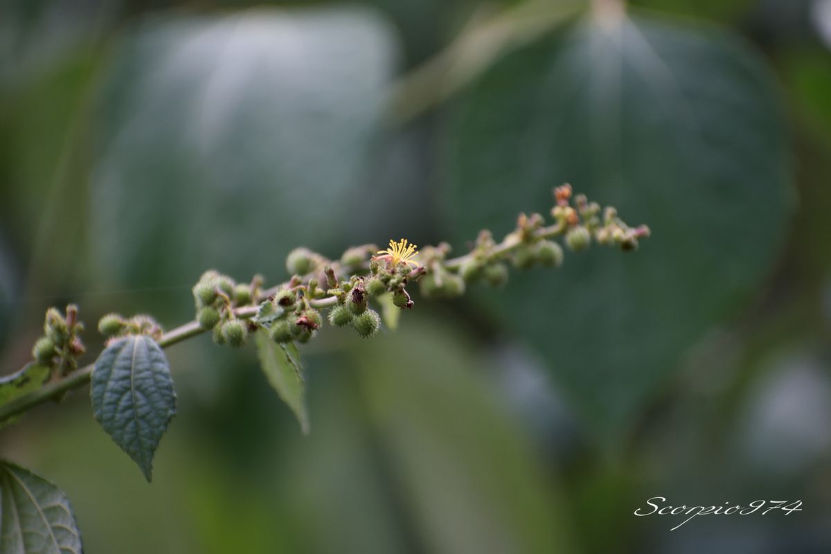 La Triumfetta pentandra (A.Rich., 1831).