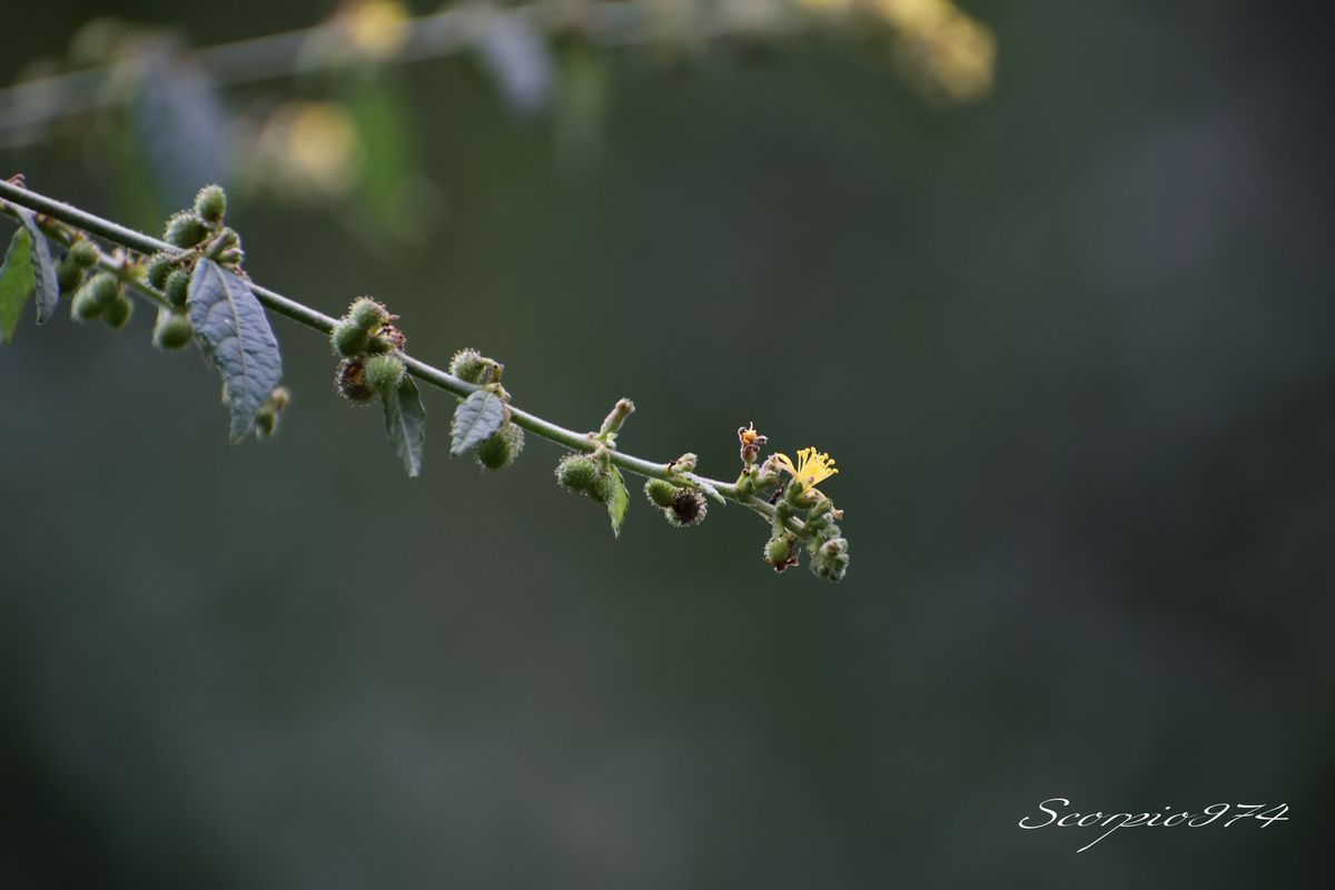 Nature, nature 974, Nature Réunion, nature de la Réunion, nature à la Réunion, flore introduite, flore introduite 974, flore introduite Réunion, flore introduite à la Réunion, flore introduite de la Réunion, flores introduites, flores introduites 974, flores introduites Réunion, flores introduites à la Réunion, flores introduites à la Réunion, fleur, fleur 974, fleur Réunion, fleur de la Réunion, fleur à la Réunion, Akène, Akène 974, Akène Réunion, Akène de la Réunion, Akène à la Réunion, Akène jaune, Akène jaune 974, Akène jaune Réunion, Akène jaune de la Réunion, Akène à la Réunion, fleur introduite, fleur introduite 974, fleur introduite Réunion, fleur introduite de la Réunion, fleur introduite à la Réunion, fleurs, fleurs 974, fleurs Réunion, fleurs de la Réunion, fleurs à la Réunion, fleur introduite, fleur introduite 974, fleur introduite Réunion, fleur introduite de la Réunion, fleur introduite à la Réunion, fleurs, fleurs 974, fleurs Réunion, fleurs de la Réunion, fleurs à la Réunion, fleurs introduites, fleurs introduites 974, fleurs introduites Réunion, fleurs introduites de la Réunion, fleur jaune, fleur jaune 974, fleur jaune Réunion, fleur jaune de la Réunion, fleur jaune à la Réunion, fleurs jaunes, fleurs jaunes 974, fleurs jaunes Réunion, fleurs jaunes de la Réunion, fleurs jaunes à la Réunion, fleur jaune vif, fleur jaune vif 974, fleur jaune vif Réunion, fleur jaune vif de la Réunion, fleur jaune vif à la Réunion, fleurs jaunes vifs, fleurs jaunes vifs 974, fleurs jaunes vifs Réunion, fleurs jaunes vifs de la Réunion, fleurs jaunes vifs, à la Réunion, fleur jaune introduite, fleur jaune introduite 974, fleur jaune introduite Réunion, fleur jaune introduite de la Réunion, fleur jaune introduite à la Réunion, fleurs jaunes introduites, fleurs jaunes introduites 974, fleurs jaunes introduites Réunion, fleurs jaunes introduites de la Réunion, fleurs jaunes introduites à la Réunion, fleur jaune vif introduite, fleur jaune vif introduite 974, fleur jaune vif introduite Réunion, fleur jaune vif introduite de la Réunion, fleur jaune vif introduite à la Réunion, fleurs jaunes vifs introduites, fleurs jaunes vifs introduites 974, fleurs jaunes vifs introduites Réunion, fleurs jaunes vifs introduites de la Réunion, fleurs jaunes vifs introduites à la Réunion, introduite, introduite 974, introduite Réunion, introduite de la Réunion, introduite à la Réunion, introduites, introduites 974, introduites Réunion, introduites à la Réunion, introduites de la Réunion, espèce introduite, espèce introduite 974, espèce introduite Réunion, espèce introduite de la Réunion, espèce introduite à la Réunion, espèces introduites, espèces introduites à la Réunion, espèces introduites 974, espèces introduites Réunion, espèces introduites de la Réunion, fleur jaune commune, fleur jaune commune 974, fleur jaune commune Réunion, fleur jaune commune de la Réunion, fleur jaune commune à la Réunion, fleurs jaunes communes, fleurs jaunes communes 974, fleurs jaunes communes Réunion, fleurs jaunes communes de la Réunion, fleurs jaunes communes à la Réunion, espèces florales, espèces florales 974, Réunion, espèces florales de la Réunion, espèces florales à la Réunion, espèce florale, espèce florale 974, Réunion, espèce florale de la Réunion, espèce florale à la Réunion, communs, communs Réunion, communs 974, communs de la Réunion, communs à la Réunion, commun, commun 974, commun Réunion, commun de la Réunion, commun à la Réunion, espèces florales introduites, espèces florales introduites 974, espèces florales introduites Réunion, espèces florales introduites de la Réunion, espèces florales introduites à la Réunion, espèce florale introduite, espèce florale introduite 974, espèce florale introduite Réunion, espèce florale introduite de la Réunion, espèce florale introduite à la Réunion, espèce invasive, espèce invasive 974, espèce invasive Réunion, espèce invasive de la Réunion, espèce invasive à la Réunion, espèces invasives, espèces invasives 974, espèces invasives Réunion, espèces invasives de la Réunion, espèces invasives à la Réunion, espèces florales invasives, espèces florales invasives Réunion, espèces florales invasives de la Réunion, espèces florales invasives à la Réunion, espèce florale invasive, espèce florale invasive 974, espèce florale invasive Réunion, espèce florale invasive de la Réunion, espèces de fleurs invasives, espèces de fleurs invasives 974, espèces de fleurs invasives Réunion, espèces de fleurs invasives de la Réunion, espèces de fleurs invasives à la Réunion, espèce de fleur invasive, espèce de fleur invasive 974, espèce de fleur invasive Réunion, espèce de fleur invasive de la Réunion, espèce de fleur invasive à la Réunion, nuisible, nuisible 974, nuisible Réunion, nuisible de la Réunion, nuisible à la Réunion, nuisibles, nuisibles 974, nuisibles Réunion, nuisibles de la Réunion, nuisibles à la Réunion, espèce nuisible, espèce nuisible 974, espèce nuisible Réunion, espèce nuisible de la Réunion, espèce nuisible à la Réunion, espèces nuisibles, espèces nuisibles 974, espèces nuisibles Réunion, espèces nuisibles de la Réunion, espèces nuisibles à la Réunion, flore magnifique, flore magnifique Réunion, flore magnifique de la Réunion, flore magnifique à la Réunion, espèces fleurs invasives, espèces fleurs invasives 974, espèces fleurs invasives Réunion, espèces fleurs invasives de la Réunion, espèces fleurs invasives à la Réunion, espèce fleur invasive, espèce fleur invasive 974, espèce fleur invasive Réunion, espèce fleur invasive de la Réunion, espèce fleur invasive à la Réunion, flore invasives, flore invasives 974, flore invasives Réunion, flore invasives de la Réunion, flore invasives à la Réunion, fleur invasive, fleur invasive 974, fleur invasive Réunion, fleur invasive de la Réunion, fleur invasive à la Réunion, fleurs invasives, fleurs invasives Réunion, fleurs invasives de la Réunion, fleurs invasives à la Réunion, petite fleur, petite fleur 974, petite fleur Réunion, petite fleur de la Réunion, petite fleur à la Réunion, petite fleur introduite, petite fleur introduite 974, petite fleur introduite Réunion, petite fleur introduite de la Réunion, petite fleur introduite à la Réunion, petites fleurs, petites fleurs 974, petites fleurs Réunion, petites fleurs de la Réunion, petites fleurs à la Réunion, petite fleur introduite, petite fleur introduite 974, petite fleur introduite Réunion, petite fleur introduite de la Réunion, petite fleur introduite à la Réunion, petites fleurs, petites fleurs 974, petites fleurs Réunion, petites fleurs de la Réunion, petites fleurs à la Réunion, petites fleurs introduites, petites fleurs introduites 974, petites fleurs introduites Réunion, petites fleurs introduites de la Réunion, petite fleur jaune, petite fleur jaune 974, petite fleur jaune Réunion, petite fleur jaune de la Réunion, petite fleur jaune à la Réunion, petites fleurs jaunes, petites fleurs jaunes 974, petites fleurs jaunes Réunion, petites fleurs jaunes de la Réunion, petites fleurs jaunes à la Réunion, petite fleur jaune vif, petite fleur jaune vif 974, petite fleur jaune vif Réunion, petite fleur jaune vif de la Réunion, petite fleur jaune vif à la Réunion, petites fleurs jaunes vifs, petites fleurs jaunes vifs 974, petites fleurs jaunes vifs Réunion, petites fleurs jaunes vifs de la Réunion, petites fleurs jaunes vifs, à la Réunion, petite fleur jaune introduite, petite fleur jaune introduite 974, petite fleur jaune introduite Réunion, petite fleur jaune introduite de la Réunion, petite fleur jaune introduite à la Réunion, petites fleurs jaunes introduites, petites fleurs jaunes introduites 974, petites fleurs jaunes introduites Réunion, petites fleurs jaunes introduites de la Réunion, petites fleurs jaunes introduites à la Réunion, petite fleur jaune vif introduite, petite fleur jaune vif introduite 974, petite fleur jaune vif introduite Réunion, petite fleur jaune vif introduite de la Réunion, petite fleur jaune vif introduite à la Réunion, petites fleurs jaunes vifs introduites, petites fleurs jaunes vifs introduites 974, petites fleurs jaunes vifs introduites Réunion, petites fleurs jaunes vifs introduites de la Réunion, petites fleurs jaunes vifs introduites à la Réunion,  espèces de petites fleurs invasives, espèces de petites fleurs invasives 974, espèces de petites fleurs invasives Réunion, espèces de petites fleurs invasives de la Réunion, espèces de petites fleurs invasives à la Réunion, espèce de petite fleur invasive, espèce de petite fleur invasive 974, espèce de petite fleur invasive Réunion, espèce de petite fleur invasive de la Réunion, espèce de petite fleur invasive à la Réunion, espèces petites fleurs invasives, espèces petites fleurs invasives 974, espèces petites fleurs invasives Réunion, espèces petites fleurs invasives de la Réunion, espèces petites fleurs invasives à la Réunion, espèce petite fleur invasive, espèce petite fleur invasive 974, espèce petite fleur invasive Réunion, espèce petite fleur invasive de la Réunion, espèce petite fleur invasive à la Réunion, petite fleur invasive, petite fleur invasive 974, petite fleur invasive Réunion, petite fleur invasive de la Réunion, petite fleur invasive à la Réunion, petites fleurs invasives, petites fleurs invasives Réunion, petites fleurs invasives de la Réunion, petites fleurs invasives à la Réunion, ,  flore introduite, flore introduite 974, flore introduite Réunion, flore introduite à la Réunion, flore introduite de la Réunion, flores introduites, flores introduites 974, flores introduites Réunion, flores introduites à la Réunion, flores introduites à la Réunion, fleur, fleur 974, fleur Réunion, fleur de la Réunion, fleur à la Réunion, fleur introduite, fleur introduite 974, fleur introduite Réunion, fleur introduite de la Réunion, fleur introduite à la Réunion, fleurs, fleurs 974, fleurs Réunion, fleurs de la Réunion, fleurs à la Réunion, fleur introduite, fleur introduite 974, fleur introduite Réunion, fleur introduite de la Réunion, fleur introduite à la Réunion, fleurs, fleurs 974, fleurs Réunion, fleurs de la Réunion, fleurs à la Réunion, fleurs introduites, fleurs introduites 974, fleurs introduites Réunion, fleurs introduites de la Réunion, fleur jaune, fleur jaune 974, fleur jaune Réunion, fleur jaune de la Réunion, fleur jaune à la Réunion, fleurs jaunes, fleurs jaunes 974, fleurs jaunes Réunion, fleurs jaunes de la Réunion, fleurs jaunes à la Réunion, fleur jaune vif, fleur jaune vif 974, fleur jaune vif Réunion, fleur jaune vif de la Réunion, fleur jaune vif à la Réunion, fleurs jaunes vifs, fleurs jaunes vifs 974, fleurs jaunes vifs Réunion, fleurs jaunes vifs de la Réunion, fleurs jaunes vifs, à la Réunion, fleur jaune introduite, fleur jaune introduite 974, fleur jaune introduite Réunion, fleur jaune introduite de la Réunion, fleur jaune introduite à la Réunion, fleurs jaunes introduites, fleurs jaunes introduites 974, fleurs jaunes introduites Réunion, fleurs jaunes introduites de la Réunion, fleurs jaunes introduites à la Réunion, fleur jaune vif introduite, fleur jaune vif introduite 974, fleur jaune vif introduite Réunion, fleur jaune vif introduite de la Réunion, fleur jaune vif introduite à la Réunion, fleurs jaunes vifs introduites, fleurs jaunes vifs introduites 974, fleurs jaunes vifs introduites Réunion, fleurs jaunes vifs introduites de la Réunion, fleurs jaunes vifs introduites à la Réunion,  introduite, introduite 974, introduite Réunion, introduite de la Réunion, introduite à la Réunion, introduites, introduites 974, introduites Réunion, introduites à la Réunion, introduites de la Réunion, espèce introduite, espèce introduite 974, espèce introduite Réunion, espèce introduite de la Réunion, espèce introduite à la Réunion, espèces introduites, espèces introduites à la Réunion, espèces introduites 974, espèces introduites Réunion, espèces introduites de la Réunion, fleur jaune commune, fleur jaune commune 974, fleur jaune commune Réunion, fleur jaune commune de la Réunion, fleur jaune commune à la Réunion, fleurs jaunes communes, fleurs jaunes communes 974, fleurs jaunes communes Réunion, fleurs jaunes communes de la Réunion, fleurs jaunes communes à la Réunion, espèces florales, espèces florales 974, Réunion, espèces florales de la Réunion, espèces florales à la Réunion, espèce florale, espèce florale 974, Réunion, espèce florale de la Réunion, espèce florale à la Réunion, arbuste à fleur jaune envahissante, arbuste à fleur jaune envahissante 974, arbuste à fleur jaune envahissante Réunion, arbuste à fleur jaune envahissante de la Réunion, arbuste à fleur jaune envahissante à la Réunion, arbustes à fleurs jaunes envahissantes, arbustes à fleurs jaunes envahissantes 974, arbustes à fleurs jaunes envahissantes Réunion, arbustes à fleurs jaunes envahissantes de la Réunion, arbustes à fleurs jaunes envahissantes à la Réunion, communs, communs Réunion, communs 974, communs de la Réunion, communs à la Réunion, commun, commun 974, commun Réunion, commun de la Réunion, commun à la Réunion, espèces florales introduites, espèces florales introduites 974, espèces florales introduites Réunion, espèces florales introduites de la Réunion, espèces florales introduites à la Réunion, espèce florale introduite, espèce florale introduite 974, espèce florale introduite Réunion, espèce florale introduite de la Réunion, espèce florale introduite à la Réunion, espèce invasive, espèce invasive 974, espèce invasive Réunion, espèce invasive de la Réunion, espèce invasive à la Réunion, espèces invasives, espèces invasives 974, espèces invasives Réunion, espèces invasives de la Réunion, espèces invasives à la Réunion, espèces florales invasives, espèces florales invasives Réunion, espèces florales invasives de la Réunion, espèces florales invasives à la Réunion, espèce florale invasive, espèce florale invasive 974, espèce florale invasive Réunion, espèce florale invasive de la Réunion, espèce florale invasive à la Réunion, Triumfetta pentandra A.Rich., Triumfetta pentandra A.Rich. 974, Triumfetta pentandra A.Rich. Réunion, Triumfetta pentandra A.Rich. de la Réunion, Triumfetta pentandra A.Rich. à la Réunion, Triumfetta pentandra A.Rich. 1831, Triumfetta pentandra A.Rich. 1831 974, Triumfetta pentandra A.Rich. 1831 Réunion, Triumfetta pentandra A.Rich. 1831 de la Réunion, Triumfetta pentandra A.Rich. 1831 à la Réunion, Triumfetta pentandra (A.Rich., 1831), Triumfetta pentandra (A.Rich., 1831) 974, Triumfetta pentandra (A.Rich., 1831) Réunion, Triumfetta pentandra (A.Rich., 1831) de la Réunion, Triumfetta pentandra (A.Rich., 1831) à la Réunion, Triumfetta pentandra, Triumfetta pentandra 974, Triumfetta pentandra Réunion, Triumfetta pentandra de la Réunion, Triumfetta pentandra à la Réunion, Triumfetta, Triumfetta 974, Triumfetta Réunion, Triumfetta de la Réunion, Triumfetta à la Réunion, Triumfetta angulata, Triumfetta angulata 974, Triumfetta angulata Réunion, Triumfetta angulata de la Réunion, Triumfetta angulata à la Réunion, Triumfetta angulata auct. Non Lam., Triumfetta angulata auct. Non Lam. 974, Triumfetta angulata auct. Non Lam. Réunion, Triumfetta angulata auct. Non Lam. de la Réunion, Triumfetta angulata auct. Non Lam. à la Réunion, Triumfetta angulata auct. Non Lam. 1792, Triumfetta angulata auct. Non Lam. 1792 974, Triumfetta angulata auct. Non Lam. 1792 Réunion, Triumfetta angulata auct. Non Lam. 1792 de la Réunion, Triumfetta angulata auct. Non Lam. 1792 à la Réunion,  Triumfetta angulata (auct. Non Lam., 1792),  Triumfetta angulata (auct. Non Lam., 1792) 974, Triumfetta angulata (auct. Non Lam., 1792) Réunion, Triumfetta angulata (auct. Non Lam., 1792) à la Réunion, Triumfetta angulata (auct. Non Lam., 1792) de la Réunion, Malvales, Malvales 974, Malvales Réunion, Malvales de la Réunion, Malvales à la Réunion, Grewioideae, Grewioideae 974, Grewioideae Réunion, Grewioideae de la Réunion, Grewioideae à la Réunion, Apeibeae, Apeibeae 974, Apeibeae Réunion, Apeibeae de la Réunion, Apeibeae à la Réunion, Triumfetta, Triumfetta 974, Triumfetta Réunion, Triumfetta de la Réunion, Triumfetta à la Réunion, Triumfetta, Triumfetta 974, Triumfetta Réunion, Triumfetta de la Réunion, Triumfetta à la Réunion, Pakavoa 