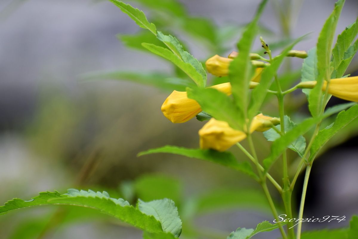 Nature, nature 974, Nature Réunion, nature de la Réunion, nature à la Réunion, flore introduite, flore introduite 974, flore introduite Réunion, flore introduite à la Réunion, flore introduite de la Réunion, flores introduites, flores introduites 974, flores introduites Réunion, flores introduites à la Réunion, flores introduites à la Réunion, fleur, fleur 974, fleur Réunion, fleur de la Réunion, fleur à la Réunion, Akène, Akène 974, Akène Réunion, Akène de la Réunion, Akène à la Réunion, Akène jaune, Akène jaune 974, Akène jaune Réunion, Akène jaune de la Réunion, Akène à la Réunion, fleur introduite, fleur introduite 974, fleur introduite Réunion, fleur introduite de la Réunion, fleur introduite à la Réunion, fleurs, fleurs 974, fleurs Réunion, fleurs de la Réunion, fleurs à la Réunion, fleur introduite, fleur introduite 974, fleur introduite Réunion, fleur introduite de la Réunion, fleur introduite à la Réunion, fleurs, fleurs 974, fleurs Réunion, fleurs de la Réunion, fleurs à la Réunion, fleurs introduites, fleurs introduites 974, fleurs introduites Réunion, fleurs introduites de la Réunion, fleur jaune, fleur jaune 974, fleur jaune Réunion, fleur jaune de la Réunion, fleur jaune à la Réunion, fleurs jaunes, fleurs jaunes 974, fleurs jaunes Réunion, fleurs jaunes de la Réunion, fleurs jaunes à la Réunion, fleur jaune vif, fleur jaune vif 974, fleur jaune vif Réunion, fleur jaune vif de la Réunion, fleur jaune vif à la Réunion, fleurs jaunes vifs, fleurs jaunes vifs 974, fleurs jaunes vifs Réunion, fleurs jaunes vifs de la Réunion, fleurs jaunes vifs, à la Réunion, fleur jaune introduite, fleur jaune introduite 974, fleur jaune introduite Réunion, fleur jaune introduite de la Réunion, fleur jaune introduite à la Réunion, fleurs jaunes introduites, fleurs jaunes introduites 974, fleurs jaunes introduites Réunion, fleurs jaunes introduites de la Réunion, fleurs jaunes introduites à la Réunion, fleur jaune vif introduite, fleur jaune vif introduite 974, fleur jaune vif introduite Réunion, fleur jaune vif introduite de la Réunion, fleur jaune vif introduite à la Réunion, fleurs jaunes vifs introduites, fleurs jaunes vifs introduites 974, fleurs jaunes vifs introduites Réunion, fleurs jaunes vifs introduites de la Réunion, fleurs jaunes vifs introduites à la Réunion, petits arbres, petits arbres 974, petits arbres Réunion, petits arbres de la Réunion, petits arbres à la Réunion, petit arbre, petit arbre 974, petit arbre de la Réunion, petit arbre Réunion, petit arbre à la Réunion, arbuste, arbuste 974, arbuste Réunion, arbuste de la Réunion, arbuste à la Réunion, arbustes, arbustes 974, arbustes Réunion, arbustes de la Réunion, arbustes à la Réunion, petits arbres à fleur jaune, petits arbres à fleur jaune 974, petits arbres à fleur jaune Réunion, petits arbres à fleur jaune de la Réunion, petits arbres à fleur jaune à la Réunion, petit arbre à fleurs jaunes, petit arbre à fleurs jaunes 974, petit arbre à fleurs jaunes Réunion, petit arbre à fleurs jaunes de la Réunion, petit arbre à fleurs jaunes à la Réunion, arbuste à fleur jaune, arbuste à fleur jaune 974, arbuste à fleur jaune Réunion, arbuste à fleur jaune de la Réunion, arbuste à fleur jaune à la Réunion, arbustes à fleurs jaunes, arbustes à fleurs jaunes 974, arbustes à fleurs jaunes Réunion, arbustes à fleurs jaunes de la Réunion, arbustes à fleurs jaunes à la Réunion, petits arbres à fleur jaune vif, petits arbres à fleur jaune vif 974, petits arbres à fleur jaune vif Réunion, petits arbres à fleur jaune vif à la Réunion, petits arbres à fleur jaune vif de la Réunion, petit arbre à fleurs jaunes vifs, petit arbre à fleurs jaunes vifs 974, petit arbre à fleurs jaunes vifs Réunion, petit arbre à fleurs jaunes vifs de la Réunion, petit arbre à fleurs jaunes vifs à la Réunion, arbuste à fleur jaune vif, arbuste à fleur jaune vif 974, arbuste à fleur jaune vif Réunion, arbuste à fleur jaune vif de la Réunion, arbuste à fleur jaune vif à la Réunion, arbustes à fleurs jaunes, arbustes à fleurs jaunes 974, arbustes à fleurs jaunes Réunion, arbustes à fleurs jaunes de la Réunion, arbustes à fleurs jaunes à la Réunion, petits arbres introduite, petits arbres introduite 974, petits arbres introduite Réunion, petits arbres introduite de la Réunion, petits arbres introduite à la Réunion, petit arbre introduites, petit arbre introduites 974, petit arbre introduites Réunion, petit arbre introduites de la Réunion, petit arbre introduites à la Réunion, arbustes introduites, arbustes introduites 974, arbustes introduites Réunion, arbustes introduites à la Réunion, arbustes introduites de la Réunion, arbuste introduite, arbuste introduite 974, arbuste introduite Réunion, arbuste introduite de la Réunion, arbuste introduite à la Réunion, petits arbres à fleur introduite 974, petits arbres à fleur introduite Réunion, petits arbres à fleur introduite de la Réunion, petits arbres à fleur introduite à la Réunion, petit arbre à fleurs introduites, petit arbre à fleurs introduites 974, petit arbre à fleurs introduites Réunion, petit arbre à fleurs introduites de la Réunion, petit arbre à fleurs introduites à la Réunion, petits arbres à fleur jaune introduite 974, petits arbres à fleur jaune introduite Réunion, petits arbres à fleur jaune introduite de la Réunion, petits arbres à fleur jaune introduite à la Réunion, petit arbre à fleur jaunes jaunes introduites, petit arbre à fleur jaunes jaunes introduites 974, petit arbre à fleur jaunes jaunes introduites Réunion, petit arbre à fleur jaunes jaunes introduites de la Réunion, petit arbre à fleur jaunes jaunes introduites à la Réunion,petits arbres à fleur jaune vif introduite 974, petits arbres à fleur jaune vif introduite Réunion, petits arbres à fleur jaune vif introduite de la Réunion, petits arbres à fleur jaune vif introduite à la Réunion, petit arbre à fleur jaunes vifs introarbuste à fleur introduite 974, arbuste à fleur introduite Réunion, arbuste à fleur introduite de la Réunion, arbuste à fleur introduite à la Réunion, arbustes à fleurs introduites, arbustes à fleurs introduites 974, arbustes à fleurs introduites Réunion, arbustes à fleurs introduites de la Réunion, arbustes à fleurs introduites à la Réunion, petit arbre à fleur jaunes vifs introduites, petit arbre à fleur jaunes vifs introduites 974, petit arbre à fleur jaunes vifs introduites Réunion, petit arbre à fleur jaunes vifs introduites de la Réunion, petit arbre à fleur jaunes vifs introduites à la Réunion, arbuste à fleur jaune introduite 974, arbuste à fleur jaune introduite Réunion, arbuste à fleur jaune introduite de la Réunion, arbuste à fleur jaune introduite à la Réunion, arbustes à fleur jaunes jaunes introduites, arbustes à fleur jaunes jaunes introduites 974, arbustes à fleur jaunes jaunes introduites Réunion, arbustes à fleur jaunes jaunes introduites de la Réunion, arbustes à fleur jaunes jaunes introduites à la Réunion, introduite, introduite 974, introduite Réunion, introduite de la Réunion, introduite à la Réunion, introduites, introduites 974, introduites Réunion, introduites à la Réunion, introduites de la Réunion, espèce introduite, espèce introduite 974, espèce introduite Réunion, espèce introduite de la Réunion, espèce introduite à la Réunion, espèces introduites, espèces introduites à la Réunion, espèces introduites 974, espèces introduites Réunion, espèces introduites de la Réunion, fleur jaune commune, fleur jaune commune 974, fleur jaune commune Réunion, fleur jaune commune de la Réunion, fleur jaune commune à la Réunion, fleurs jaunes communes, fleurs jaunes communes 974, fleurs jaunes communes Réunion, fleurs jaunes communes de la Réunion, fleurs jaunes communes à la Réunion, espèces florales, espèces florales 974, Réunion, espèces florales de la Réunion, espèces florales à la Réunion, espèce florale, espèce florale 974, Réunion, espèce florale de la Réunion, espèce florale à la Réunion, arbuste à fleur jaune envahissante, arbuste à fleur jaune envahissante 974, arbuste à fleur jaune envahissante Réunion, arbuste à fleur jaune envahissante de la Réunion, arbuste à fleur jaune envahissante à la Réunion, arbustes à fleurs jaunes envahissantes, arbustes à fleurs jaunes envahissantes 974, arbustes à fleurs jaunes envahissantes Réunion, arbustes à fleurs jaunes envahissantes de la Réunion, arbustes à fleurs jaunes envahissantes à la Réunion, communs, communs Réunion, communs 974, communs de la Réunion, communs à la Réunion, commun, commun 974, commun Réunion, commun de la Réunion, commun à la Réunion, espèces florales introduites, espèces florales introduites 974, espèces florales introduites Réunion, espèces florales introduites de la Réunion, espèces florales introduites à la Réunion, espèce florale introduite, espèce florale introduite 974, espèce florale introduite Réunion, espèce florale introduite de la Réunion, espèce florale introduite à la Réunion, espèce invasive, espèce invasive 974, espèce invasive Réunion, espèce invasive de la Réunion, espèce invasive à la Réunion, espèces invasives, espèces invasives 974, espèces invasives Réunion, espèces invasives de la Réunion, espèces invasives à la Réunion, espèces florales invasives, espèces florales invasives Réunion, espèces florales invasives de la Réunion, espèces florales invasives à la Réunion, espèce florale invasive, espèce florale invasive 974, espèce florale invasive Réunion, espèce florale invasive de la Réunion, espèce florale invasive à la Réunion, espèces florales envahissantes troisième, espèces florales envahissantes troisième 974, espèces florales envahissantes troisième Réunion, espèces florales envahissantes troisième de la Réunion, espèces florales envahissantes troisième à la Réunion, espèce florale envahissante troisième, espèce florale envahissante troisième 974, espèce florale envahissante troisième Réunion, espèce florale envahissante troisième de la Réunion, espèce florale envahissante troisième à la Réunion, espèces florales envahissantes de moyen niveau, espèces florales envahissantes de moyen niveau 974, espèces florales envahissantes de moyen niveau Réunion, espèces florales envahissantes de moyen niveau de la Réunion, espèces florales envahissantes de moyen niveau à la Réunion, espèce florale envahissante de moyen niveau, espèce florale envahissante de moyen niveau 974, espèce florale envahissante de moyen niveau Réunion, espèce florale envahissante de moyen niveau de la Réunion, espèce florale envahissante de moyen niveau à la Réunion, espèces florales nuisibles de niveau 3 sur 3, espèces florales nuisibles de niveau 3 sur 3 974, espèces florales nuisibles de niveau 3 sur 3 Réunion, espèces florales nuisibles de niveau 3 sur 3 de la Réunion, espèces florales nuisibles de niveau 3 sur 3 à la Réunion, espèce florale envahissante de trois sur trois, espèce florale envahissante de trois sur trois 974, espèce florale envahissante de trois sur trois Réunion, espèce florale envahissante de trois sur trois de la Réunion, espèce florale envahissante de trois sur trois à la Réunion, espèce florale envahissante de niveau 3 sur 3, espèce florale envahissante de niveau 3 sur 3 974, espèce florale envahissante de niveau 3 sur 3 Réunion, espèce florale envahissante de niveau 3 sur 3 de la Réunion, espèce florale envahissante de niveau 3 sur 3 à la Réunion, espèces florales envahissantes de niveau 3 sur 3, espèces florales envahissantes de niveau 3 sur 3 974, espèces florales envahissantes de niveau 3 sur 3 Réunion, espèces florales envahissantes de niveau 3 sur 3 de la Réunion, espèces florales envahissantes de niveau 3 sur 3 à la Réunion, espèces envahissantes de moyen niveau, espèces envahissantes de moyen niveau 974, espèces envahissantes de moyen niveau Réunion, espèces envahissantes de moyen niveau de la Réunion, espèces envahissantes de moyen niveau à la Réunion, espèce envahissante de moyen niveau, espèce envahissante de moyen niveau 974, espèce envahissante de moyen niveau Réunion, espèce envahissante de moyen niveau de la Réunion, espèce envahissante de moyen niveau à la Réunion, espèces envahissantes de niveau 3, espèces envahissantes de niveau 3 974, espèces envahissantes de niveau 3 Réunion, espèces envahissantes de niveau 3 de la Réunion, espèces envahissantes de niveau 3 à la Réunion, espèce envahissante de niveau 3, espèce envahissante de niveau 3 974, espèce envahissante de niveau 3 Réunion, espèce envahissante de niveau 3 de la Réunion, espèce envahissante de niveau 3 à la Réunion, espèces envahissantes de trois sur trois, espèces envahissantes de trois sur trois 974, espèces envahissantes de trois sur trois Réunion, espèces envahissantes de trois sur trois de la Réunion, espèces envahissantes de trois sur trois à la Réunion, espèce envahissante de trois sur trois, espèce envahissante de trois sur trois 974, espèce envahissante de trois sur trois Réunion, espèce envahissante de trois sur trois de la Réunion, espèce envahissante de trois sur trois à la Réunion, espèces envahissantes de niveau 3 sur 3, espèces envahissantes de niveau 3 sur 3 974, espèces envahissantes de niveau 3 sur 3 Réunion, espèces envahissantes de niveau 3 sur 3 de la Réunion, espèces envahissantes de niveau 3 sur 3 à la Réunion, espèce envahissante de niveau 3 sur 3, espèce envahissante de niveau 3 sur 3 974, espèce envahissante de niveau 3 sur 3 Réunion, espèce envahissante de niveau 3 sur 3 de la Réunion, espèce envahissante de niveau 3 sur 3 à la Réunion, espèces de fleurs invasives, espèces de fleurs invasives 974, espèces de fleurs invasives Réunion, espèces de fleurs invasives de la Réunion, espèces de fleurs invasives à la Réunion, espèce de fleur invasive, espèce de fleur invasive 974, espèce de fleur invasive Réunion, espèce de fleur invasive de la Réunion, espèce de fleur invasive à la Réunion, nuisible, nuisible 974, nuisible Réunion, nuisible de la Réunion, nuisible à la Réunion, nuisibles, nuisibles 974, nuisibles Réunion, nuisibles de la Réunion, nuisibles à la Réunion, espèce nuisible, espèce nuisible 974, espèce nuisible Réunion, espèce nuisible de la Réunion, espèce nuisible à la Réunion, espèces nuisibles, espèces nuisibles 974, espèces nuisibles Réunion, espèces nuisibles de la Réunion, espèces nuisibles à la Réunion, flore magnifique, flore magnifique Réunion, flore magnifique de la Réunion, flore magnifique à la Réunion, espèces fleurs invasives, espèces fleurs invasives 974, espèces fleurs invasives Réunion, espèces fleurs invasives de la Réunion, espèces fleurs invasives à la Réunion, espèce fleur invasive, espèce fleur invasive 974, espèce fleur invasive Réunion, espèce fleur invasive de la Réunion, espèce fleur invasive à la Réunion, flore invasives, flore invasives 974, flore invasives Réunion, flore invasives de la Réunion, flore invasives à la Réunion, fleur invasive, fleur invasive 974, fleur invasive Réunion, fleur invasive de la Réunion, fleur invasive à la Réunion, fleurs invasives, fleurs invasives Réunion, fleurs invasives de la Réunion, fleurs invasives à la Réunion, petite fleur, petite fleur 974, petite fleur Réunion, petite fleur de la Réunion, petite fleur à la Réunion, petite fleur introduite, petite fleur introduite 974, petite fleur introduite Réunion, petite fleur introduite de la Réunion, petite fleur introduite à la Réunion, petites fleurs, petites fleurs 974, petites fleurs Réunion, petites fleurs de la Réunion, petites fleurs à la Réunion, petite fleur introduite, petite fleur introduite 974, petite fleur introduite Réunion, petite fleur introduite de la Réunion, petite fleur introduite à la Réunion, petites fleurs, petites fleurs 974, petites fleurs Réunion, petites fleurs de la Réunion, petites fleurs à la Réunion, petites fleurs introduites, petites fleurs introduites 974, petites fleurs introduites Réunion, petites fleurs introduites de la Réunion, petite fleur jaune, petite fleur jaune 974, petite fleur jaune Réunion, petite fleur jaune de la Réunion, petite fleur jaune à la Réunion, petites fleurs jaunes, petites fleurs jaunes 974, petites fleurs jaunes Réunion, petites fleurs jaunes de la Réunion, petites fleurs jaunes à la Réunion, petite fleur jaune vif, petite fleur jaune vif 974, petite fleur jaune vif Réunion, petite fleur jaune vif de la Réunion, petite fleur jaune vif à la Réunion, petites fleurs jaunes vifs, petites fleurs jaunes vifs 974, petites fleurs jaunes vifs Réunion, petites fleurs jaunes vifs de la Réunion, petites fleurs jaunes vifs, à la Réunion, petite fleur jaune introduite, petite fleur jaune introduite 974, petite fleur jaune introduite Réunion, petite fleur jaune introduite de la Réunion, petite fleur jaune introduite à la Réunion, petites fleurs jaunes introduites, petites fleurs jaunes introduites 974, petites fleurs jaunes introduites Réunion, petites fleurs jaunes introduites de la Réunion, petites fleurs jaunes introduites à la Réunion, petite fleur jaune vif introduite, petite fleur jaune vif introduite 974, petite fleur jaune vif introduite Réunion, petite fleur jaune vif introduite de la Réunion, petite fleur jaune vif introduite à la Réunion, petites fleurs jaunes vifs introduites, petites fleurs jaunes vifs introduites 974, petites fleurs jaunes vifs introduites Réunion, petites fleurs jaunes vifs introduites de la Réunion, petites fleurs jaunes vifs introduites à la Réunion, petits arbres à petite fleur jaune, petits arbres à petite fleur jaune 974, petits arbres à petite fleur jaune Réunion, petits arbres à petite fleur jaune de la Réunion, petits arbres à petite fleur jaune à la Réunion, petit arbre à petites fleurs jaunes, petit arbre à petites fleurs jaunes 974, petit arbre à petites fleurs jaunes Réunion, petit arbre à petites fleurs jaunes de la Réunion, petit arbre à petites fleurs jaunes à la Réunion, arbuste à petite fleur jaune, arbuste à petite fleur jaune 974, arbuste à petite fleur jaune Réunion, arbuste à petite fleur jaune de la Réunion, arbuste à petite fleur jaune à la Réunion, arbustes à petites fleurs jaunes, arbustes à petites fleurs jaunes 974, arbustes à petites fleurs jaunes Réunion, arbustes à petites fleurs jaunes de la Réunion, arbustes à petites fleurs jaunes à la Réunion, petits arbres à petite fleur jaune vif, petits arbres à petite fleur jaune vif 974, petits arbres à petite fleur jaune vif Réunion, petits arbres à petite fleur jaune vif à la Réunion, petits arbres à petite fleur jaune vif de la Réunion, petit arbre à petites fleurs jaunes vifs, petit arbre à petites fleurs jaunes vifs 974, petit arbre à petites fleurs jaunes vifs Réunion, petit arbre à petites fleurs jaunes vifs de la Réunion, petit arbre à petites fleurs jaunes vifs à la Réunion, arbuste à petite fleur jaune vif, arbuste à petite fleur jaune vif 974, arbuste à petite fleur jaune vif Réunion, arbuste à petite fleur jaune vif de la Réunion, arbuste à petite fleur jaune vif à la Réunion, arbustes à petites fleurs jaunes, arbustes à petites fleurs jaunes 974, arbustes à petites fleurs jaunes Réunion, arbustes à petites fleurs jaunes de la Réunion, arbustes à petites fleurs jaunes à la Réunion, petits arbres à petite fleur introduite 974, petits arbres à petite fleur introduite Réunion, petits arbres à petite fleur introduite de la Réunion, petits arbres à petite fleur introduite à la Réunion, petit arbre à petites fleurs introduites, petit arbre à petites fleurs introduites 974, petit arbre à petites fleurs introduites Réunion, petit arbre à petites fleurs introduites de la Réunion, petit arbre à petites fleurs introduites à la Réunion, petits arbres à petite fleur jaune introduite 974, petits arbres à petite fleur jaune introduite Réunion, petits arbres à petite fleur jaune introduite de la Réunion, petits arbres à petite fleur jaune introduite à la Réunion, petit arbre à petite fleur jaunes jaunes introduites, petit arbre à petite fleur jaunes jaunes introduites 974, petit arbre à petite fleur jaunes jaunes introduites Réunion, petit arbre à petite fleur jaunes jaunes introduites de la Réunion, petit arbre à petite fleur jaunes jaunes introduites à la Réunion,petits arbres à petite fleur jaune vif introduite 974, petits arbres à petite fleur jaune vif introduite Réunion, petits arbres à petite fleur jaune vif introduite de la Réunion, petits arbres à petite fleur jaune vif introduite à la Réunion, petit arbre à petite fleur jaune vifs, arbuste à petite fleur introduite 974, arbuste à petite fleur introduite Réunion, arbuste à petite fleur introduite de la Réunion, arbuste à petite fleur introduite à la Réunion, arbustes à petites fleurs introduites, arbustes à petites fleurs introduites 974, arbustes à petites fleurs introduites Réunion, arbustes à petites fleurs introduites de la Réunion, arbustes à petites fleurs introduites à la Réunion, petit arbre à petite fleur jaunes vifs introduites, petit arbre à petite fleur jaunes vifs introduites 974, petit arbre à petite fleur jaunes vifs introduites Réunion, petit arbre à petite fleur jaunes vifs introduites de la Réunion, petit arbre à petite fleur jaunes vifs introduites à la Réunion, arbuste à petite fleur jaune introduite 974, arbuste à petite fleur jaune introduite Réunion, arbuste à petite fleur jaune introduite de la Réunion, arbuste à petite fleur jaune introduite à la Réunion, arbustes à petite fleur jaunes jaunes introduites, arbustes à petite fleur jaunes jaunes introduites 974, arbustes à petite fleur jaunes jaunes introduites Réunion, arbustes à petite fleur jaunes jaunes introduites de la Réunion, arbustes à petite fleur jaunes jaunes introduites à la Réunion, petite fleur jaune commune, petite fleur jaune commune 974, petite fleur jaune commune Réunion, petite fleur jaune commune de la Réunion, petite fleur jaune commune à la Réunion, petites fleurs jaunes communes, petites fleurs jaunes communes 974, petites fleurs jaunes communes Réunion, petites fleurs jaunes communes de la Réunion, petites fleurs jaunes communes à la Réunion, arbuste à petite fleur jaune envahissante, arbuste à petite fleur jaune envahissante 974, arbuste à petite fleur jaune envahissante Réunion, arbuste à petite fleur jaune envahissante de la Réunion, arbuste à petite fleur jaune envahissante à la Réunion, arbustes à petites fleurs jaunes envahissantes, arbustes à petites fleurs jaunes envahissantes 974, arbustes à petites fleurs jaunes envahissantes Réunion, arbustes à petites fleurs jaunes envahissantes de la Réunion, arbustes à petites fleurs jaunes envahissantes à la Réunion, espèces de petites fleurs invasives, espèces de petites fleurs invasives 974, espèces de petites fleurs invasives Réunion, espèces de petites fleurs invasives de la Réunion, espèces de petites fleurs invasives à la Réunion, espèce de petite fleur invasive, espèce de petite fleur invasive 974, espèce de petite fleur invasive Réunion, espèce de petite fleur invasive de la Réunion, espèce de petite fleur invasive à la Réunion, espèces petites fleurs invasives, espèces petites fleurs invasives 974, espèces petites fleurs invasives Réunion, espèces petites fleurs invasives de la Réunion, espèces petites fleurs invasives à la Réunion, espèce petite fleur invasive, espèce petite fleur invasive 974, espèce petite fleur invasive Réunion, espèce petite fleur invasive de la Réunion, espèce petite fleur invasive à la Réunion, petite fleur invasive, petite fleur invasive 974, petite fleur invasive Réunion, petite fleur invasive de la Réunion, petite fleur invasive à la Réunion, petites fleurs invasives, petites fleurs invasives Réunion, petites fleurs invasives de la Réunion, petites fleurs invasives à la Réunion, ,  flore introduite, flore introduite 974, flore introduite Réunion, flore introduite à la Réunion, flore introduite de la Réunion, flores introduites, flores introduites 974, flores introduites Réunion, flores introduites à la Réunion, flores introduites à la Réunion, fleur, fleur 974, fleur Réunion, fleur de la Réunion, fleur à la Réunion, Akène, Akène 974, Akène Réunion, Akène de la Réunion, Akène à la Réunion, Akène jaune, Akène jaune 974, Akène jaune Réunion, Akène jaune de la Réunion, Akène à la Réunion, fleur introduite, fleur introduite 974, fleur introduite Réunion, fleur introduite de la Réunion, fleur introduite à la Réunion, fleurs, fleurs 974, fleurs Réunion, fleurs de la Réunion, fleurs à la Réunion, fleur introduite, fleur introduite 974, fleur introduite Réunion, fleur introduite de la Réunion, fleur introduite à la Réunion, fleurs, fleurs 974, fleurs Réunion, fleurs de la Réunion, fleurs à la Réunion, fleurs introduites, fleurs introduites 974, fleurs introduites Réunion, fleurs introduites de la Réunion, fleur jaune, fleur jaune 974, fleur jaune Réunion, fleur jaune de la Réunion, fleur jaune à la Réunion, fleurs jaunes, fleurs jaunes 974, fleurs jaunes Réunion, fleurs jaunes de la Réunion, fleurs jaunes à la Réunion, fleur jaune vif, fleur jaune vif 974, fleur jaune vif Réunion, fleur jaune vif de la Réunion, fleur jaune vif à la Réunion, fleurs jaunes vifs, fleurs jaunes vifs 974, fleurs jaunes vifs Réunion, fleurs jaunes vifs de la Réunion, fleurs jaunes vifs, à la Réunion, fleur jaune introduite, fleur jaune introduite 974, fleur jaune introduite Réunion, fleur jaune introduite de la Réunion, fleur jaune introduite à la Réunion, fleurs jaunes introduites, fleurs jaunes introduites 974, fleurs jaunes introduites Réunion, fleurs jaunes introduites de la Réunion, fleurs jaunes introduites à la Réunion, fleur jaune vif introduite, fleur jaune vif introduite 974, fleur jaune vif introduite Réunion, fleur jaune vif introduite de la Réunion, fleur jaune vif introduite à la Réunion, fleurs jaunes vifs introduites, fleurs jaunes vifs introduites 974, fleurs jaunes vifs introduites Réunion, fleurs jaunes vifs introduites de la Réunion, fleurs jaunes vifs introduites à la Réunion, petits arbres, petits arbres 974, petits arbres Réunion, petits arbres de la Réunion, petits arbres à la Réunion, petit arbre, petit arbre 974, petit arbre de la Réunion, petit arbre Réunion, petit arbre à la Réunion, arbuste, arbuste 974, arbuste Réunion, arbuste de la Réunion, arbuste à la Réunion, arbustes, arbustes 974, arbustes Réunion, arbustes de la Réunion, arbustes à la Réunion, petits arbres à fleur jaune, petits arbres à fleur jaune 974, petits arbres à fleur jaune Réunion, petits arbres à fleur jaune de la Réunion, petits arbres à fleur jaune à la Réunion, petit arbre à fleurs jaunes, petit arbre à fleurs jaunes 974, petit arbre à fleurs jaunes Réunion, petit arbre à fleurs jaunes de la Réunion, petit arbre à fleurs jaunes à la Réunion, arbuste à fleur jaune, arbuste à fleur jaune 974, arbuste à fleur jaune Réunion, arbuste à fleur jaune de la Réunion, arbuste à fleur jaune à la Réunion, arbustes à fleurs jaunes, arbustes à fleurs jaunes 974, arbustes à fleurs jaunes Réunion, arbustes à fleurs jaunes de la Réunion, arbustes à fleurs jaunes à la Réunion, petits arbres à fleur jaune vif, petits arbres à fleur jaune vif 974, petits arbres à fleur jaune vif Réunion, petits arbres à fleur jaune vif à la Réunion, petits arbres à fleur jaune vif de la Réunion, petit arbre à fleurs jaunes vifs, petit arbre à fleurs jaunes vifs 974, petit arbre à fleurs jaunes vifs Réunion, petit arbre à fleurs jaunes vifs de la Réunion, petit arbre à fleurs jaunes vifs à la Réunion, arbuste à fleur jaune vif, arbuste à fleur jaune vif 974, arbuste à fleur jaune vif Réunion, arbuste à fleur jaune vif de la Réunion, arbuste à fleur jaune vif à la Réunion, arbustes à fleurs jaunes, arbustes à fleurs jaunes 974, arbustes à fleurs jaunes Réunion, arbustes à fleurs jaunes de la Réunion, arbustes à fleurs jaunes à la Réunion, petits arbres introduite, petits arbres introduite 974, petits arbres introduite Réunion, petits arbres introduite de la Réunion, petits arbres introduite à la Réunion, petit arbre introduites, petit arbre introduites 974, petit arbre introduites Réunion, petit arbre introduites de la Réunion, petit arbre introduites à la Réunion, arbustes introduites, arbustes introduites 974, arbustes introduites Réunion, arbustes introduites à la Réunion, arbustes introduites de la Réunion, arbuste introduite, arbuste introduite 974, arbuste introduite Réunion, arbuste introduite de la Réunion, arbuste introduite à la Réunion, petits arbres à fleur introduite 974, petits arbres à fleur introduite Réunion, petits arbres à fleur introduite de la Réunion, petits arbres à fleur introduite à la Réunion, petit arbre à fleurs introduites, petit arbre à fleurs introduites 974, petit arbre à fleurs introduites Réunion, petit arbre à fleurs introduites de la Réunion, petit arbre à fleurs introduites à la Réunion, petits arbres à fleur jaune introduite 974, petits arbres à fleur jaune introduite Réunion, petits arbres à fleur jaune introduite de la Réunion, petits arbres à fleur jaune introduite à la Réunion, petit arbre à fleur jaunes jaunes introduites, petit arbre à fleur jaunes jaunes introduites 974, petit arbre à fleur jaunes jaunes introduites Réunion, petit arbre à fleur jaunes jaunes introduites de la Réunion, petit arbre à fleur jaunes jaunes introduites à la Réunion,petits arbres à fleur jaune vif introduite 974, petits arbres à fleur jaune vif introduite Réunion, petits arbres à fleur jaune vif introduite de la Réunion, petits arbres à fleur jaune vif introduite à la Réunion, petit arbre à fleur jaunes vifs introarbuste à fleur introduite 974, arbuste à fleur introduite Réunion, arbuste à fleur introduite de la Réunion, arbuste à fleur introduite à la Réunion, arbustes à fleurs introduites, arbustes à fleurs introduites 974, arbustes à fleurs introduites Réunion, arbustes à fleurs introduites de la Réunion, arbustes à fleurs introduites à la Réunion, petit arbre à fleur jaunes vifs introduites, petit arbre à fleur jaunes vifs introduites 974, petit arbre à fleur jaunes vifs introduites Réunion, petit arbre à fleur jaunes vifs introduites de la Réunion, petit arbre à fleur jaunes vifs introduites à la Réunion, arbuste à fleur jaune introduite 974, arbuste à fleur jaune introduite Réunion, arbuste à fleur jaune introduite de la Réunion, arbuste à fleur jaune introduite à la Réunion, arbustes à fleur jaunes jaunes introduites, arbustes à fleur jaunes jaunes introduites 974, arbustes à fleur jaunes jaunes introduites Réunion, arbustes à fleur jaunes jaunes introduites de la Réunion, arbustes à fleur jaunes jaunes introduites à la Réunion, introduite, introduite 974, introduite Réunion, introduite de la Réunion, introduite à la Réunion, introduites, introduites 974, introduites Réunion, introduites à la Réunion, introduites de la Réunion, espèce introduite, espèce introduite 974, espèce introduite Réunion, espèce introduite de la Réunion, espèce introduite à la Réunion, espèces introduites, espèces introduites à la Réunion, espèces introduites 974, espèces introduites Réunion, espèces introduites de la Réunion, fleur jaune commune, fleur jaune commune 974, fleur jaune commune Réunion, fleur jaune commune de la Réunion, fleur jaune commune à la Réunion, fleurs jaunes communes, fleurs jaunes communes 974, fleurs jaunes communes Réunion, fleurs jaunes communes de la Réunion, fleurs jaunes communes à la Réunion, espèces florales, espèces florales 974, Réunion, espèces florales de la Réunion, espèces florales à la Réunion, espèce florale, espèce florale 974, Réunion, espèce florale de la Réunion, espèce florale à la Réunion, arbuste à fleur jaune envahissante, arbuste à fleur jaune envahissante 974, arbuste à fleur jaune envahissante Réunion, arbuste à fleur jaune envahissante de la Réunion, arbuste à fleur jaune envahissante à la Réunion, arbustes à fleurs jaunes envahissantes, arbustes à fleurs jaunes envahissantes 974, arbustes à fleurs jaunes envahissantes Réunion, arbustes à fleurs jaunes envahissantes de la Réunion, arbustes à fleurs jaunes envahissantes à la Réunion, communs, communs Réunion, communs 974, communs de la Réunion, communs à la Réunion, commun, commun 974, commun Réunion, commun de la Réunion, commun à la Réunion, espèces florales introduites, espèces florales introduites 974, espèces florales introduites Réunion, espèces florales introduites de la Réunion, espèces florales introduites à la Réunion, espèce florale introduite, espèce florale introduite 974, espèce florale introduite Réunion, espèce florale introduite de la Réunion, espèce florale introduite à la Réunion, espèce invasive, espèce invasive 974, espèce invasive Réunion, espèce invasive de la Réunion, espèce invasive à la Réunion, espèces invasives, espèces invasives 974, espèces invasives Réunion, espèces invasives de la Réunion, espèces invasives à la Réunion, espèces florales invasives, espèces florales invasives Réunion, espèces florales invasives de la Réunion, espèces florales invasives à la Réunion, espèce florale invasive, espèce florale invasive 974, espèce florale invasive Réunion, espèce florale invasive de la Réunion, espèce florale invasive à la Réunion, espèces florales envahissantes cinqième, espèces florales envahissantes cinqième 974, espèces florales envahissantes cinqième Réunion, espèces florales envahissantes cinqième de la Réunion, espèces florales envahissantes cinqième à la Réunion, espèce florale envahissante cinqième, espèce florale envahissante cinqième 974, espèce florale envahissante cinqième Réunion, espèce florale envahissante cinqième de la Réunion, espèce florale envahissante cinqième à la Réunion, espèces florales envahissantes de moyen niveau, espèces florales envahissantes de moyen niveau 974, espèces florales envahissantes de moyen niveau Réunion, espèces florales envahissantes de moyen niveau de la Réunion, espèces florales envahissantes de moyen niveau à la Réunion, espèce florale envahissante de moyen niveau, espèce florale envahissante de moyen niveau 974, espèce florale envahissante de moyen niveau Réunion, espèce florale envahissante de moyen niveau de la Réunion, espèce florale envahissante de moyen niveau à la Réunion, espèces florales nuisibles de niveau 5 sur 5, espèces florales nuisibles de niveau 5 sur 5 974, espèces florales nuisibles de niveau 5 sur 5 Réunion, espèces florales nuisibles de niveau 5 sur 5 de la Réunion, espèces florales nuisibles de niveau 5 sur 5 à la Réunion, espèce florale envahissante de cinq sur cinq, espèce florale envahissante de cinq sur cinq 974, espèce florale envahissante de cinq sur cinq Réunion, espèce florale envahissante de cinq sur cinq de la Réunion, espèce florale envahissante de cinq sur cinq à la Réunion, espèce florale envahissante de niveau 5 sur 5, espèce florale envahissante de niveau 5 sur 5 974, espèce florale envahissante de niveau 5 sur 5 Réunion, espèce florale envahissante de niveau 5 sur 5 de la Réunion, espèce florale envahissante de niveau 5 sur 5 à la Réunion, espèces florales envahissantes de niveau 5 sur 5, espèces florales envahissantes de niveau 5 sur 5 974, espèces florales envahissantes de niveau 5 sur 5 Réunion, espèces florales envahissantes de niveau 5 sur 5 de la Réunion, espèces florales envahissantes de niveau 5 sur 5 à la Réunion, espèces envahissantes de moyen niveau, espèces envahissantes de moyen niveau 974, espèces envahissantes de moyen niveau Réunion, espèces envahissantes de moyen niveau de la Réunion, espèces envahissantes de moyen niveau à la Réunion, espèce envahissante de moyen niveau, espèce envahissante de moyen niveau 974, espèce envahissante de moyen niveau Réunion, espèce envahissante de moyen niveau de la Réunion, espèce envahissante de moyen niveau à la Réunion, espèces envahissantes de niveau 5, espèces envahissantes de niveau 5 974, espèces envahissantes de niveau 5 Réunion, espèces envahissantes de niveau 5 de la Réunion, espèces envahissantes de niveau 5 à la Réunion, espèce envahissante de niveau 5, espèce envahissante de niveau 5 974, espèce envahissante de niveau 5 Réunion, espèce envahissante de niveau 5 de la Réunion, espèce envahissante de niveau 5 à la Réunion, espèces envahissantes de cinq sur cinq, espèces envahissantes de cinq sur cinq 974, espèces envahissantes de cinq sur cinq Réunion, espèces envahissantes de cinq sur cinq de la Réunion, espèces envahissantes de cinq sur cinq à la Réunion, espèce envahissante de cinq sur cinq, espèce envahissante de cinq sur cinq 974, espèce envahissante de cinq sur cinq Réunion, espèce envahissante de cinq sur cinq de la Réunion, espèce envahissante de cinq sur cinq à la Réunion, espèces envahissantes de niveau 5 sur 5, espèces envahissantes de niveau 5 sur 5 974, espèces envahissantes de niveau 5 sur 5 Réunion, espèces envahissantes de niveau 5 sur 5 de la Réunion, espèces envahissantes de niveau 5 sur 5 à la Réunion, espèce envahissante de niveau 5 sur 5, espèce envahissante de niveau 5 sur 5 974, espèce envahissante de niveau 5 sur 5 Réunion, espèce envahissante de niveau 5 sur 5 de la Réunion, espèce envahissante de niveau 5 sur 5 à la Réunion, espèces de fleurs invasives, espèces de fleurs invasives 974, espèces de fleurs invasives Réunion, espèces de fleurs invasives de la Réunion, espèces de fleurs invasives à la Réunion, espèce de fleur invasive, espèce de fleur invasive 974, espèce de fleur invasive Réunion, espèce de fleur invasive de la Réunion, espèce de fleur invasive à la Réunion, nuisible, nuisible 974, nuisible Réunion, nuisible de la Réunion, nuisible à la Réunion, nuisibles, nuisibles 974, nuisibles Réunion, nuisibles de la Réunion, nuisibles à la Réunion, espèce nuisible, espèce nuisible 974, espèce nuisible Réunion, espèce nuisible de la Réunion, espèce nuisible à la Réunion, espèces nuisibles, espèces nuisibles 974, espèces nuisibles Réunion, espèces nuisibles de la Réunion, espèces nuisibles à la Réunion, flore magnifique, flore magnifique Réunion, flore magnifique de la Réunion, flore magnifique à la Réunion, espèces fleurs invasives, espèces fleurs invasives 974, espèces fleurs invasives Réunion, espèces fleurs invasives de la Réunion, espèces fleurs invasives à la Réunion, espèce fleur invasive, espèce fleur invasive 974, espèce fleur invasive Réunion, espèce fleur invasive de la Réunion, espèce fleur invasive à la Réunion, flore invasives, flore invasives 974, flore invasives Réunion, flore invasives de la Réunion, flore invasives à la Réunion, fleur invasive, fleur invasive 974, fleur invasive Réunion, fleur invasive de la Réunion, fleur invasive à la Réunion, fleurs invasives, fleurs invasives Réunion, fleurs invasives de la Réunion, fleurs invasives à la Réunion, petite fleur, petite fleur 974, petite fleur Réunion, petite fleur de la Réunion, petite fleur à la Réunion, petite fleur introduite, petite fleur introduite 974, petite fleur introduite Réunion, petite fleur introduite de la Réunion, petite fleur introduite à la Réunion, petites fleurs, petites fleurs 974, petites fleurs Réunion, petites fleurs de la Réunion, petites fleurs à la Réunion, petite fleur introduite, petite fleur introduite 974, petite fleur introduite Réunion, petite fleur introduite de la Réunion, petite fleur introduite à la Réunion, petites fleurs, petites fleurs 974, petites fleurs Réunion, petites fleurs de la Réunion, petites fleurs à la Réunion, petites fleurs introduites, petites fleurs introduites 974, petites fleurs introduites Réunion, petites fleurs introduites de la Réunion, petite fleur jaune, petite fleur jaune 974, petite fleur jaune Réunion, petite fleur jaune de la Réunion, petite fleur jaune à la Réunion, petites fleurs jaunes, petites fleurs jaunes 974, petites fleurs jaunes Réunion, petites fleurs jaunes de la Réunion, petites fleurs jaunes à la Réunion, petite fleur jaune vif, petite fleur jaune vif 974, petite fleur jaune vif Réunion, petite fleur jaune vif de la Réunion, petite fleur jaune vif à la Réunion, petites fleurs jaunes vifs, petites fleurs jaunes vifs 974, petites fleurs jaunes vifs Réunion, petites fleurs jaunes vifs de la Réunion, petites fleurs jaunes vifs, à la Réunion, petite fleur jaune introduite, petite fleur jaune introduite 974, petite fleur jaune introduite Réunion, petite fleur jaune introduite de la Réunion, petite fleur jaune introduite à la Réunion, petites fleurs jaunes introduites, petites fleurs jaunes introduites 974, petites fleurs jaunes introduites Réunion, petites fleurs jaunes introduites de la Réunion, petites fleurs jaunes introduites à la Réunion, petite fleur jaune vif introduite, petite fleur jaune vif introduite 974, petite fleur jaune vif introduite Réunion, petite fleur jaune vif introduite de la Réunion, petite fleur jaune vif introduite à la Réunion, petites fleurs jaunes vifs introduites, petites fleurs jaunes vifs introduites 974, petites fleurs jaunes vifs introduites Réunion, petites fleurs jaunes vifs introduites de la Réunion, petites fleurs jaunes vifs introduites à la Réunion, petits arbres à petite fleur jaune, petits arbres à petite fleur jaune 974, petits arbres à petite fleur jaune Réunion, petits arbres à petite fleur jaune de la Réunion, petits arbres à petite fleur jaune à la Réunion, petit arbre à petites fleurs jaunes, petit arbre à petites fleurs jaunes 974, petit arbre à petites fleurs jaunes Réunion, petit arbre à petites fleurs jaunes de la Réunion, petit arbre à petites fleurs jaunes à la Réunion, arbuste à petite fleur jaune, arbuste à petite fleur jaune 974, arbuste à petite fleur jaune Réunion, arbuste à petite fleur jaune de la Réunion, arbuste à petite fleur jaune à la Réunion, arbustes à petites fleurs jaunes, arbustes à petites fleurs jaunes 974, arbustes à petites fleurs jaunes Réunion, arbustes à petites fleurs jaunes de la Réunion, arbustes à petites fleurs jaunes à la Réunion, petits arbres à petite fleur jaune vif, petits arbres à petite fleur jaune vif 974, petits arbres à petite fleur jaune vif Réunion, petits arbres à petite fleur jaune vif à la Réunion, petits arbres à petite fleur jaune vif de la Réunion, petit arbre à petites fleurs jaunes vifs, petit arbre à petites fleurs jaunes vifs 974, petit arbre à petites fleurs jaunes vifs Réunion, petit arbre à petites fleurs jaunes vifs de la Réunion, petit arbre à petites fleurs jaunes vifs à la Réunion, arbuste à petite fleur jaune vif, arbuste à petite fleur jaune vif 974, arbuste à petite fleur jaune vif Réunion, arbuste à petite fleur jaune vif de la Réunion, arbuste à petite fleur jaune vif à la Réunion, arbustes à petites fleurs jaunes, arbustes à petites fleurs jaunes 974, arbustes à petites fleurs jaunes Réunion, arbustes à petites fleurs jaunes de la Réunion, arbustes à petites fleurs jaunes à la Réunion, petits arbres à petite fleur introduite 974, petits arbres à petite fleur introduite Réunion, petits arbres à petite fleur introduite de la Réunion, petits arbres à petite fleur introduite à la Réunion, petit arbre à petites fleurs introduites, petit arbre à petites fleurs introduites 974, petit arbre à petites fleurs introduites Réunion, petit arbre à petites fleurs introduites de la Réunion, petit arbre à petites fleurs introduites à la Réunion, petits arbres à petite fleur jaune introduite 974, petits arbres à petite fleur jaune introduite Réunion, petits arbres à petite fleur jaune introduite de la Réunion, petits arbres à petite fleur jaune introduite à la Réunion, petit arbre à petite fleur jaunes jaunes introduites, petit arbre à petite fleur jaunes jaunes introduites 974, petit arbre à petite fleur jaunes jaunes introduites Réunion, petit arbre à petite fleur jaunes jaunes introduites de la Réunion, petit arbre à petite fleur jaunes jaunes introduites à la Réunion,petits arbres à petite fleur jaune vif introduite 974, petits arbres à petite fleur jaune vif introduite Réunion, petits arbres à petite fleur jaune vif introduite de la Réunion, petits arbres à petite fleur jaune vif introduite à la Réunion, petit arbre à petite fleur jaune vifs, arbuste à petite fleur introduite 974, arbuste à petite fleur introduite Réunion, arbuste à petite fleur introduite de la Réunion, arbuste à petite fleur introduite à la Réunion, arbustes à petites fleurs introduites, arbustes à petites fleurs introduites 974, arbustes à petites fleurs introduites Réunion, arbustes à petites fleurs introduites de la Réunion, arbustes à petites fleurs introduites à la Réunion, petit arbre à petite fleur jaunes vifs introduites, petit arbre à petite fleur jaunes vifs introduites 974, petit arbre à petite fleur jaunes vifs introduites Réunion, petit arbre à petite fleur jaunes vifs introduites de la Réunion, petit arbre à petite fleur jaunes vifs introduites à la Réunion, arbuste à petite fleur jaune introduite 974, arbuste à petite fleur jaune introduite Réunion, arbuste à petite fleur jaune introduite de la Réunion, arbuste à petite fleur jaune introduite à la Réunion, arbustes à petite fleur jaunes jaunes introduites, arbustes à petite fleur jaunes jaunes introduites 974, arbustes à petite fleur jaunes jaunes introduites Réunion, arbustes à petite fleur jaunes jaunes introduites de la Réunion, arbustes à petite fleur jaunes jaunes introduites à la Réunion, petite fleur jaune commune, petite fleur jaune commune 974, petite fleur jaune commune Réunion, petite fleur jaune commune de la Réunion, petite fleur jaune commune à la Réunion, petites fleurs jaunes communes, petites fleurs jaunes communes 974, petites fleurs jaunes communes Réunion, petites fleurs jaunes communes de la Réunion, petites fleurs jaunes communes à la Réunion, arbuste à petite fleur jaune envahissante, arbuste à petite fleur jaune envahissante 974, arbuste à petite fleur jaune envahissante Réunion, arbuste à petite fleur jaune envahissante de la Réunion, arbuste à petite fleur jaune envahissante à la Réunion, arbustes à petites fleurs jaunes envahissantes, arbustes à petites fleurs jaunes envahissantes 974, arbustes à petites fleurs jaunes envahissantes Réunion, arbustes à petites fleurs jaunes envahissantes de la Réunion, arbustes à petites fleurs jaunes envahissantes à la Réunion, espèces de petites fleurs invasives, espèces de petites fleurs invasives 974, espèces de petites fleurs invasives Réunion, espèces de petites fleurs invasives de la Réunion, espèces de petites fleurs invasives à la Réunion, espèce de petite fleur invasive, espèce de petite fleur invasive 974, espèce de petite fleur invasive Réunion, espèce de petite fleur invasive de la Réunion, espèce de petite fleur invasive à la Réunion, espèces petites fleurs invasives, espèces petites fleurs invasives 974, espèces petites fleurs invasives Réunion, espèces petites fleurs invasives de la Réunion, espèces petites fleurs invasives à la Réunion, espèce petite fleur invasive, espèce petite fleur invasive 974, espèce petite fleur invasive Réunion, espèce petite fleur invasive de la Réunion, espèce petite fleur invasive à la Réunion, petite fleur invasive, petite fleur invasive 974, petite fleur invasive Réunion, petite fleur invasive de la Réunion, petite fleur invasive à la Réunion, petites fleurs invasives, petites fleurs invasives Réunion, petites fleurs invasives de la Réunion, petites fleurs invasives à la Réunion, espèce envahissante, espèce envahissante 974, espèce envahissante Réunion, espèce envahissante de la Réunion, espèce envahissante à la Réunion, envahissante, envahissante 974, envahissante Réunion, envahissante de la Réunion, envahissante à la Réunion, espèce introduite, espèce introduite 974, espèce introduite Réunion, espèce introduite à la Réunion, espèce introduite de la Réunion, introduite, introduite 974, introduite Réunion, introduite de la Réunion, introduite à la Réunion, plantes invasives, plantes invasives 974, plantes invasives Réunion, plantes invasives de la Réunion, plantes invasives à la Réunion, espèce invasive, espèce invasive, espèce invasive 974, espèce invasive Réunion, espèce invasive de la Réunion, espèce invasive à la Réunion, Trompette d’or, Trompette d’or 974, Trompette d’or Réunion, Trompette d’or de la Réunion, Trompette d’or à la Réunion, Bois pissenlit, Bois pissenlit 974, Bois pissenlit de la Réunion, Bois pissenlit à la Réunion, Bois pissenlit à capsules brunes, Bois pissenlit à capsules brunes 974, Bois pissenlit à capsules brunes Réunion, Bois pissenlit à capsules brunes de la Réunion, Bois pissenlit à capsules brunes à la Réunion,   Bois pissenlit brune, Bois pissenlit brune 974, Bois pissenlit Réunion, Bois pissenlit brune de la Réunion, Bois pissenlit brune à la Réunion, Bois Caraïbe, Bois Caraïbe 974, Bois Caraïbe Réunion, Bois Caraïbe de la Réunion, Bois Caraïbe à la Réunion,  Bignonia jaune, Bignonia jaune 974, Bignonia jaune Réunion, Bignonia jaune de la Réunion, Bignonia jaune à la Réunion, Tecoma stans (L.), Tecoma stans (L.) 974, Tecoma stans (L.) Réunion, Tecoma stans (L.) de la Réunion, Tecoma stans (L.) à la Réunion, Tecoma stans (L.) Juss. ex, Tecoma stans (L.) Juss. ex 974, Tecoma stans (L.) Juss. ex Réunion, Tecoma stans (L.) Juss. ex de la Réunion, Tecoma stans (L.) Juss. ex à la Réunion, Tecoma stans (L.) Juss. ex Kunth, Tecoma stans (L.) Juss. ex Kunth 974, Tecoma stans (L.) Juss. ex Kunth Réunion, Tecoma stans (L.) Juss. ex Kunth de la Raunion, Tecoma stans (L.) Juss. ex Kunth à la Réunion, Bignonia stans L., Bignonia stans L. 974, Bignonia stans L. Réunion, Bignonia stans L. de la Réunion, Bignonia stans L. e la Réunion, Dolichos cuneifolius Forssk, Dolichos cuneifolius Forssk 974, Dolichos cuneifolius Forssk Réunion, Dolichos cuneifolius Forssk de la Réunion, Dolichos cuneifolius Forssk à la Réunion, Tecoma stans var. apiifolia Hort. ex DC, Tecoma stans var. apiifolia Hort. ex DC 974, Tecoma stans var. apiifolia Hort. ex DC Réunion, Tecoma stans var. apiifolia Hort. ex DC de la Réunion, Tecoma stans var. apiifolia Hort. ex DC à la Réunion, Lamiales, Lamiales 974, Lamiales Réunion, Lamiales de la Réunion, Lamiales à la Réunion, Bignoniaceae, Bignoniaceae 974, Bignoniaceae Réunion, Bignoniaceae de la Réunion, Bignoniaceae à la Réunion, Faboideae, Faboideae 974, Faboideae Réunion, Faboideae de la Réunion, Faboideae à la Réunion, Tecomeae, Tecomeae 974, Tecomeae Réunion, Tecomeae de la Réunion, Tecomeae à la Réunion, Tecoma, Tecoma 974, Tecoma Réunion, Tecoma de la Réunion, Tecoma à la Réunion, Pïti, Pïti 974, Pïti Réunion, Pïti de la Réunion, Pïti à la Réunion, Kohai, Kohai 974, Kohai Réunion, Kohai de la Réunion, Kohai à la Réunion, Bois à enivrer, Bois à enivrer 974, Bois à enivrer de la Réunion, Bois à enivrer Réunion, Bois à enivrer à la Réunion, Tecoma stans (L.) Juss. ex Kunth 1819, Tecoma stans (L.) Juss. ex Kunth 1819 Réunion, Tecoma stans (L.) Juss. ex Kunth 1819 de la Réunion, Tecoma stans (L.) Juss. ex Kunth 1819 à la Réunion, Tecoma stans ((L.) Juss. ex Kunth 1819), Tecoma stans ((L.) Juss. ex Kunth 1819) 974, Tecoma stans ((L.) Juss. ex Kunth 1819) Réunion, Tecoma stans ((L.) Juss. ex Kunth 1819) de la Réunion, Tecoma stans ((L.) Juss. ex Kunth 1819) à la Réunion, Stenolobium stans, Stenolobium stans 974, Stenolobium stans Réunion, Stenolobium stans de la Réunion, Stenolobium stans à la Réunion, Stenolobium stans (L.), Stenolobium stans (L.) 974, Stenolobium stans (L.) Réunion, Stenolobium stans (L.) de la Réunion, Stenolobium stans (L.) de la Réunion, Stenolobium stans (L.) Seem., Stenolobium stans (L.) Seem.974, Stenolobium stans (L.) Seem. Réunion, Stenolobium stans (L.) Seem. de la Réunion, Stenolobium stans (L.) Seem. à la Réunion, Stenolobium stans (L.) (Seem., 1865), Stenolobium stans (L.) (Seem., 1865) 974, Stenolobium stans (L.) (Seem., 1865) Réunion, Stenolobium stans (L.) (Seem., 1865) de la Réunion, Stenolobium stans (L.) (Seem., 1865) à la Réunion, Stenolobium stans (L.) Seem. 1865, Stenolobium stans (L.) Seem. 1865 Réunion, Stenolobium stans (L.) Seem. 1865 de al Réunion, Stenolobium stans (L.) Seem. 1865 à la Réunion,Bignonia stans L. 1765, Bignonia stans L. 1765 974, Bignonia stans L. 1765 Réunion, Bignonia stans L. 1765 de la Réunion, Bignonia stans L. 1765 à la Réunion, Bignonia stans (L. 1765), Bignonia stans (L. 1765) 974, Bignonia stans (L. 1765) Réunion, Bignonia stans (L. 1765) de la Réunion, Bignonia stans (L. 1765) à la Réunion, Bignonia stans, Bignonia stans 974, Bignonia stans Réunion, Bignonia stans de la Réunion, Bignonia stans à la Réunion, Tecoma stans var. apiifolia Hort. ex DC. 1790, Tecoma stans var. apiifolia (Lour., 1790), Tecoma stans var. apiifolia Hort. ex DC. 1845Réunion, Tecoma stans var. apiifolia Hort. ex DC. 1845de la Réunion, Tecoma stans var. apiifolia Hort. ex DC. 1845à la Réunion, Tecoma stans var. apiifolia (Hort. ex DC., 1845)974, Tecoma stans var. apiifolia (Hort. ex DC., 1845)Réunion, Tecoma stans var. apiifolia (Hort. ex DC., 1845)de la réunion, Tecoma stans var. apiifolia (Hort. ex DC., 1845)à la Réunion, Tecoma stans var. apiifolia 974, Tecoma stans var. apiifolia Réunion, Tecoma stans var. apiifolia de la Réunion, Tecoma stans var. apiifolia à la Réunion, Hatutu, Matu One, Motuiti, Nuku Hiva, Ua Huka et Ua Pou, Trumpet bush, Yellow bells, Yellow elder, Bignonia stans L., Stenolobium stans (L.) Seem., Stenolobium tronadora Loes., Tecoma incisa (Rose & Standl.) IMJohnst., Tecoma tronadora (Loes.) IMJohnst., Tecoma velutina Lindl., Arbre, arbre 974, arbre Réunion, arbre de la Réunion, arbre à la Réunion, envahissante, envahissante 974, envahissante Réunion, envahissante de la Réunion, envahissante à la Réunion,  envahissantes, envahissantes 974, envahissantes Réunion, envahissantes de la Réunion, envahissantes à la Réunion, espèce envahissante, espèce envahissante 974, espèce envahissante Réunion, espèce envahissante de la Réunion, espèce envahissante à la Réunion, espèces envahissantes, espèces envahissantes 974, espèces envahissantes Réunion, espèces envahissantes de la Réunion, espèces envahissantes à la Réunion, espèce envahissante de niveau 5, espèce envahissante de niveau 5 974, espèce envahissante de niveau 5 Réunion, espèce envahissante de niveau 5 à la Réunion, espèce envahissante de niveau 5 de la Réunion, espèces envahissantes de niveau 5, espèces envahissantes de niveau 5 974, espèces envahissantes de niveau 5 Réunion, espèces envahissantes de niveau 5 à la Réunion, de la Réunion, espèces envahissantes de niveau cinq, espèces envahissantes de niveau cinq 974, espèces envahissantes de niveau cinq Réunion, espèces envahissantes de niveau cinq à la Réunion, espèces envahissantes de niveau cinq de la Réunion, espèces envahissantes niveau cinq, espèces envahissantes niveau cinq 974, espèces envahissantes niveau cinq Réunion, espèces envahissantes niveau cinq de la Réunion, espèces envahissantes niveau cinq à la Réunion, espèce envahissante niveau 5, espèce envahissante niveau 5 974, espèce envahissante niveau 5 Réunion, espèce envahissante niveau 5 de la Réunion, espèce envahissante niveau 5 à la Réunion, espèce envahissante de niveau 5 sur 5, espèce envahissante de niveau 5 sur 5 974, espèce envahissante de niveau 5 sur 5 Réunion, espèce envahissante de niveau 5 sur 5 de la Réunion, espèce envahissante de niveau 5 sur 5 à la Réunion, espèces envahissantes de niveau 5 sur 5, espèces envahissantes de niveau 5 sur 5 974, espèces envahissantes de niveau 5 sur 5 Réunion, espèces envahissantes de niveau 5 sur 5 de la Réunion, espèces envahissantes de niveau 5 sur 5 à la Réunion, espèce envahissante niveau cinq sur cinq, espèce envahissante niveau cinq sur cinq 974, espèce envahissante niveau cinq sur cinq Réunion, espèce envahissante niveau cinq sur cinq de la Réunion, espèce envahissante niveau cinq sur cinq à la Réunion, espèces florales nuisibles de niveau 5 sur 5, espèces florales nuisibles de niveau 5 sur 5 974, espèces florales nuisibles de niveau 5 sur 5 Réunion, espèces florales nuisibles de niveau 5 sur 5 de la Réunion, espèces florales nuisibles de niveau 5 sur 5 à la Réunion, espèce florale envahissante de cinq sur cinq, espèce florale envahissante de cinq sur cinq 974, espèce florale envahissante de cinq sur cinq Réunion, espèce florale envahissante de cinq sur cinq de la Réunion, espèce florale envahissante de cinq sur cinq à la Réunion, espèce florale envahissante de niveau 5 sur 5, espèce florale envahissante de niveau 5 sur 5 974, espèce florale envahissante de niveau 5 sur 5 Réunion, espèce florale envahissante de niveau 5 sur 5 de la Réunion, espèce florale envahissante de niveau 5 sur 5 à la Réunion, espèces florales envahissantes de niveau 5 sur 5, espèces florales envahissantes de niveau 5 sur 5 974, espèces florales envahissantes de niveau 5 sur 5 Réunion, espèces florales envahissantes de niveau 5 sur 5 de la Réunion, espèces florales envahissantes de niveau 5 sur 5 à la Réunion, espèces envahissantes de moyen niveau, espèces envahissantes de moyen niveau 974, espèces envahissantes de moyen niveau Réunion, espèces envahissantes de moyen niveau de la Réunion, espèces envahissantes de moyen niveau à la Réunion, espèce envahissante de moyen niveau, espèce envahissante de moyen niveau 974, espèce envahissante de moyen niveau Réunion, espèce envahissante de moyen niveau de la Réunion, espèce envahissante de moyen niveau à la Réunion, espèces envahissantes de niveau 5, espèces envahissantes de niveau 5 974, espèces envahissantes de niveau 5 Réunion, espèces envahissantes de niveau 5 de la Réunion, espèces envahissantes de niveau 5 à la Réunion, espèce envahissante de niveau 5, espèce envahissante de niveau 5 974, espèce envahissante de niveau 5 Réunion, espèce envahissante de niveau 5 de la Réunion, espèce envahissante de niveau 5 à la Réunion, espèces envahissantes de cinq sur cinq, espèces envahissantes de cinq sur cinq 974, espèces envahissantes de cinq sur cinq Réunion, espèces envahissantes de cinq sur cinq de la Réunion, espèces envahissantes de cinq sur cinq à la Réunion, espèce envahissante de cinq sur cinq, espèce envahissante de cinq sur cinq 974, espèce envahissante de cinq sur cinq Réunion, espèce envahissante de cinq sur cinq de la Réunion, espèce envahissante de cinq sur cinq à la Réunion, espèces envahissantes de niveau 5 sur 5, espèces envahissantes de niveau 5 sur 5 974, espèces envahissantes de niveau 5 sur 5 Réunion, espèces envahissantes de niveau 5 sur 5 de la Réunion, espèces envahissantes de niveau 5 sur 5 à la Réunion, espèce envahissante de niveau 5 sur 5, espèce envahissante de niveau 5 sur 5 974, espèce envahissante de niveau 5 sur 5 Réunion, espèce envahissante de niveau 5 sur 5 de la Réunion, espèce envahissante de niveau 5 sur 5 à la Réunion, espèces de fruits invasives, espèces de fruits invasives 974, espèces de fruits invasives Réunion, espèces de fruits invasives de la Réunion, espèces de fruits invasives à la Réunion, espèce de fruit invasive, espèce de fruit invasive 974, espèce de fruit invasive Réunion, espèce de fruit invasive de la Réunion, espèce de fruit invasive à la Réunion, nuisible, nuisible 974, nuisible Réunion, nuisible de la Réunion, nuisible à la Réunion, nuisibles, nuisibles 974, nuisibles Réunion, nuisibles de la Réunion, nuisibles à la Réunion, espèce nuisible, espèce nuisible 974, espèce nuisible Réunion, espèce nuisible de la Réunion, espèce nuisible à la Réunion, espèces nuisibles, espèces nuisibles 974, espèces nuisibles Réunion, espèces nuisibles de la Réunion, espèces nuisibles à la Réunion, flore magnifique, flore magnifique Réunion, flore magnifique de la Réunion, flore magnifique à la Réunion, grappe de fleurs,  grappe de fleurs 974,  grappe de fleurs Réunion,  grappe de fleurs de la Réunion,  grappe de fleurs à la Réunion,  grappe de fleurs jaunes, grappe de fleurs jaunes 974, grappe de fleurs jaunes Réunion, grappe de fleurs jaunes de la Réunion, grappe de fleurs jaunes à la Réunion,