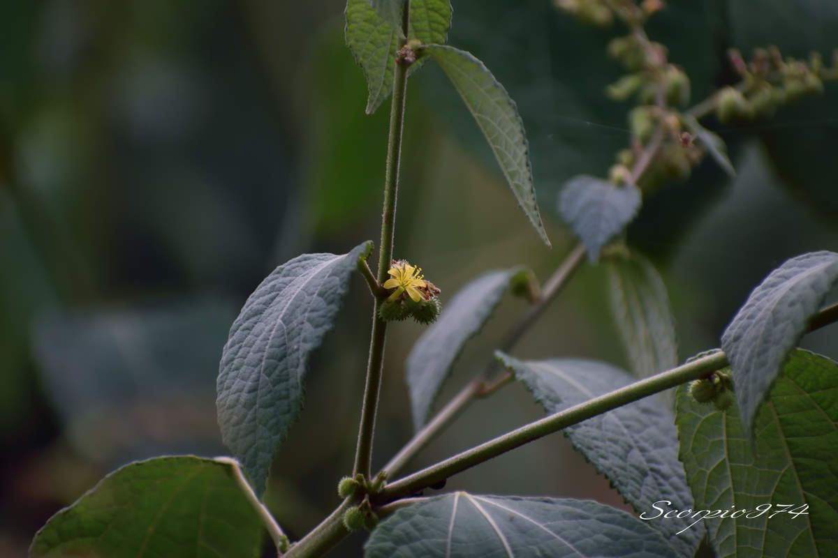 Nature, nature 974, Nature Réunion, nature de la Réunion, nature à la Réunion, flore introduite, flore introduite 974, flore introduite Réunion, flore introduite à la Réunion, flore introduite de la Réunion, flores introduites, flores introduites 974, flores introduites Réunion, flores introduites à la Réunion, flores introduites à la Réunion, fleur, fleur 974, fleur Réunion, fleur de la Réunion, fleur à la Réunion, Akène, Akène 974, Akène Réunion, Akène de la Réunion, Akène à la Réunion, Akène jaune, Akène jaune 974, Akène jaune Réunion, Akène jaune de la Réunion, Akène à la Réunion, fleur introduite, fleur introduite 974, fleur introduite Réunion, fleur introduite de la Réunion, fleur introduite à la Réunion, fleurs, fleurs 974, fleurs Réunion, fleurs de la Réunion, fleurs à la Réunion, fleur introduite, fleur introduite 974, fleur introduite Réunion, fleur introduite de la Réunion, fleur introduite à la Réunion, fleurs, fleurs 974, fleurs Réunion, fleurs de la Réunion, fleurs à la Réunion, fleurs introduites, fleurs introduites 974, fleurs introduites Réunion, fleurs introduites de la Réunion, fleur jaune, fleur jaune 974, fleur jaune Réunion, fleur jaune de la Réunion, fleur jaune à la Réunion, fleurs jaunes, fleurs jaunes 974, fleurs jaunes Réunion, fleurs jaunes de la Réunion, fleurs jaunes à la Réunion, fleur jaune vif, fleur jaune vif 974, fleur jaune vif Réunion, fleur jaune vif de la Réunion, fleur jaune vif à la Réunion, fleurs jaunes vifs, fleurs jaunes vifs 974, fleurs jaunes vifs Réunion, fleurs jaunes vifs de la Réunion, fleurs jaunes vifs, à la Réunion, fleur jaune introduite, fleur jaune introduite 974, fleur jaune introduite Réunion, fleur jaune introduite de la Réunion, fleur jaune introduite à la Réunion, fleurs jaunes introduites, fleurs jaunes introduites 974, fleurs jaunes introduites Réunion, fleurs jaunes introduites de la Réunion, fleurs jaunes introduites à la Réunion, fleur jaune vif introduite, fleur jaune vif introduite 974, fleur jaune vif introduite Réunion, fleur jaune vif introduite de la Réunion, fleur jaune vif introduite à la Réunion, fleurs jaunes vifs introduites, fleurs jaunes vifs introduites 974, fleurs jaunes vifs introduites Réunion, fleurs jaunes vifs introduites de la Réunion, fleurs jaunes vifs introduites à la Réunion, introduite, introduite 974, introduite Réunion, introduite de la Réunion, introduite à la Réunion, introduites, introduites 974, introduites Réunion, introduites à la Réunion, introduites de la Réunion, espèce introduite, espèce introduite 974, espèce introduite Réunion, espèce introduite de la Réunion, espèce introduite à la Réunion, espèces introduites, espèces introduites à la Réunion, espèces introduites 974, espèces introduites Réunion, espèces introduites de la Réunion, fleur jaune commune, fleur jaune commune 974, fleur jaune commune Réunion, fleur jaune commune de la Réunion, fleur jaune commune à la Réunion, fleurs jaunes communes, fleurs jaunes communes 974, fleurs jaunes communes Réunion, fleurs jaunes communes de la Réunion, fleurs jaunes communes à la Réunion, espèces florales, espèces florales 974, Réunion, espèces florales de la Réunion, espèces florales à la Réunion, espèce florale, espèce florale 974, Réunion, espèce florale de la Réunion, espèce florale à la Réunion, communs, communs Réunion, communs 974, communs de la Réunion, communs à la Réunion, commun, commun 974, commun Réunion, commun de la Réunion, commun à la Réunion, espèces florales introduites, espèces florales introduites 974, espèces florales introduites Réunion, espèces florales introduites de la Réunion, espèces florales introduites à la Réunion, espèce florale introduite, espèce florale introduite 974, espèce florale introduite Réunion, espèce florale introduite de la Réunion, espèce florale introduite à la Réunion, espèce invasive, espèce invasive 974, espèce invasive Réunion, espèce invasive de la Réunion, espèce invasive à la Réunion, espèces invasives, espèces invasives 974, espèces invasives Réunion, espèces invasives de la Réunion, espèces invasives à la Réunion, espèces florales invasives, espèces florales invasives Réunion, espèces florales invasives de la Réunion, espèces florales invasives à la Réunion, espèce florale invasive, espèce florale invasive 974, espèce florale invasive Réunion, espèce florale invasive de la Réunion, espèces de fleurs invasives, espèces de fleurs invasives 974, espèces de fleurs invasives Réunion, espèces de fleurs invasives de la Réunion, espèces de fleurs invasives à la Réunion, espèce de fleur invasive, espèce de fleur invasive 974, espèce de fleur invasive Réunion, espèce de fleur invasive de la Réunion, espèce de fleur invasive à la Réunion, nuisible, nuisible 974, nuisible Réunion, nuisible de la Réunion, nuisible à la Réunion, nuisibles, nuisibles 974, nuisibles Réunion, nuisibles de la Réunion, nuisibles à la Réunion, espèce nuisible, espèce nuisible 974, espèce nuisible Réunion, espèce nuisible de la Réunion, espèce nuisible à la Réunion, espèces nuisibles, espèces nuisibles 974, espèces nuisibles Réunion, espèces nuisibles de la Réunion, espèces nuisibles à la Réunion, flore magnifique, flore magnifique Réunion, flore magnifique de la Réunion, flore magnifique à la Réunion, espèces fleurs invasives, espèces fleurs invasives 974, espèces fleurs invasives Réunion, espèces fleurs invasives de la Réunion, espèces fleurs invasives à la Réunion, espèce fleur invasive, espèce fleur invasive 974, espèce fleur invasive Réunion, espèce fleur invasive de la Réunion, espèce fleur invasive à la Réunion, flore invasives, flore invasives 974, flore invasives Réunion, flore invasives de la Réunion, flore invasives à la Réunion, fleur invasive, fleur invasive 974, fleur invasive Réunion, fleur invasive de la Réunion, fleur invasive à la Réunion, fleurs invasives, fleurs invasives Réunion, fleurs invasives de la Réunion, fleurs invasives à la Réunion, petite fleur, petite fleur 974, petite fleur Réunion, petite fleur de la Réunion, petite fleur à la Réunion, petite fleur introduite, petite fleur introduite 974, petite fleur introduite Réunion, petite fleur introduite de la Réunion, petite fleur introduite à la Réunion, petites fleurs, petites fleurs 974, petites fleurs Réunion, petites fleurs de la Réunion, petites fleurs à la Réunion, petite fleur introduite, petite fleur introduite 974, petite fleur introduite Réunion, petite fleur introduite de la Réunion, petite fleur introduite à la Réunion, petites fleurs, petites fleurs 974, petites fleurs Réunion, petites fleurs de la Réunion, petites fleurs à la Réunion, petites fleurs introduites, petites fleurs introduites 974, petites fleurs introduites Réunion, petites fleurs introduites de la Réunion, petite fleur jaune, petite fleur jaune 974, petite fleur jaune Réunion, petite fleur jaune de la Réunion, petite fleur jaune à la Réunion, petites fleurs jaunes, petites fleurs jaunes 974, petites fleurs jaunes Réunion, petites fleurs jaunes de la Réunion, petites fleurs jaunes à la Réunion, petite fleur jaune vif, petite fleur jaune vif 974, petite fleur jaune vif Réunion, petite fleur jaune vif de la Réunion, petite fleur jaune vif à la Réunion, petites fleurs jaunes vifs, petites fleurs jaunes vifs 974, petites fleurs jaunes vifs Réunion, petites fleurs jaunes vifs de la Réunion, petites fleurs jaunes vifs, à la Réunion, petite fleur jaune introduite, petite fleur jaune introduite 974, petite fleur jaune introduite Réunion, petite fleur jaune introduite de la Réunion, petite fleur jaune introduite à la Réunion, petites fleurs jaunes introduites, petites fleurs jaunes introduites 974, petites fleurs jaunes introduites Réunion, petites fleurs jaunes introduites de la Réunion, petites fleurs jaunes introduites à la Réunion, petite fleur jaune vif introduite, petite fleur jaune vif introduite 974, petite fleur jaune vif introduite Réunion, petite fleur jaune vif introduite de la Réunion, petite fleur jaune vif introduite à la Réunion, petites fleurs jaunes vifs introduites, petites fleurs jaunes vifs introduites 974, petites fleurs jaunes vifs introduites Réunion, petites fleurs jaunes vifs introduites de la Réunion, petites fleurs jaunes vifs introduites à la Réunion,  espèces de petites fleurs invasives, espèces de petites fleurs invasives 974, espèces de petites fleurs invasives Réunion, espèces de petites fleurs invasives de la Réunion, espèces de petites fleurs invasives à la Réunion, espèce de petite fleur invasive, espèce de petite fleur invasive 974, espèce de petite fleur invasive Réunion, espèce de petite fleur invasive de la Réunion, espèce de petite fleur invasive à la Réunion, espèces petites fleurs invasives, espèces petites fleurs invasives 974, espèces petites fleurs invasives Réunion, espèces petites fleurs invasives de la Réunion, espèces petites fleurs invasives à la Réunion, espèce petite fleur invasive, espèce petite fleur invasive 974, espèce petite fleur invasive Réunion, espèce petite fleur invasive de la Réunion, espèce petite fleur invasive à la Réunion, petite fleur invasive, petite fleur invasive 974, petite fleur invasive Réunion, petite fleur invasive de la Réunion, petite fleur invasive à la Réunion, petites fleurs invasives, petites fleurs invasives Réunion, petites fleurs invasives de la Réunion, petites fleurs invasives à la Réunion, ,  flore introduite, flore introduite 974, flore introduite Réunion, flore introduite à la Réunion, flore introduite de la Réunion, flores introduites, flores introduites 974, flores introduites Réunion, flores introduites à la Réunion, flores introduites à la Réunion, fleur, fleur 974, fleur Réunion, fleur de la Réunion, fleur à la Réunion, fleur introduite, fleur introduite 974, fleur introduite Réunion, fleur introduite de la Réunion, fleur introduite à la Réunion, fleurs, fleurs 974, fleurs Réunion, fleurs de la Réunion, fleurs à la Réunion, fleur introduite, fleur introduite 974, fleur introduite Réunion, fleur introduite de la Réunion, fleur introduite à la Réunion, fleurs, fleurs 974, fleurs Réunion, fleurs de la Réunion, fleurs à la Réunion, fleurs introduites, fleurs introduites 974, fleurs introduites Réunion, fleurs introduites de la Réunion, fleur jaune, fleur jaune 974, fleur jaune Réunion, fleur jaune de la Réunion, fleur jaune à la Réunion, fleurs jaunes, fleurs jaunes 974, fleurs jaunes Réunion, fleurs jaunes de la Réunion, fleurs jaunes à la Réunion, fleur jaune vif, fleur jaune vif 974, fleur jaune vif Réunion, fleur jaune vif de la Réunion, fleur jaune vif à la Réunion, fleurs jaunes vifs, fleurs jaunes vifs 974, fleurs jaunes vifs Réunion, fleurs jaunes vifs de la Réunion, fleurs jaunes vifs, à la Réunion, fleur jaune introduite, fleur jaune introduite 974, fleur jaune introduite Réunion, fleur jaune introduite de la Réunion, fleur jaune introduite à la Réunion, fleurs jaunes introduites, fleurs jaunes introduites 974, fleurs jaunes introduites Réunion, fleurs jaunes introduites de la Réunion, fleurs jaunes introduites à la Réunion, fleur jaune vif introduite, fleur jaune vif introduite 974, fleur jaune vif introduite Réunion, fleur jaune vif introduite de la Réunion, fleur jaune vif introduite à la Réunion, fleurs jaunes vifs introduites, fleurs jaunes vifs introduites 974, fleurs jaunes vifs introduites Réunion, fleurs jaunes vifs introduites de la Réunion, fleurs jaunes vifs introduites à la Réunion,  introduite, introduite 974, introduite Réunion, introduite de la Réunion, introduite à la Réunion, introduites, introduites 974, introduites Réunion, introduites à la Réunion, introduites de la Réunion, espèce introduite, espèce introduite 974, espèce introduite Réunion, espèce introduite de la Réunion, espèce introduite à la Réunion, espèces introduites, espèces introduites à la Réunion, espèces introduites 974, espèces introduites Réunion, espèces introduites de la Réunion, fleur jaune commune, fleur jaune commune 974, fleur jaune commune Réunion, fleur jaune commune de la Réunion, fleur jaune commune à la Réunion, fleurs jaunes communes, fleurs jaunes communes 974, fleurs jaunes communes Réunion, fleurs jaunes communes de la Réunion, fleurs jaunes communes à la Réunion, espèces florales, espèces florales 974, Réunion, espèces florales de la Réunion, espèces florales à la Réunion, espèce florale, espèce florale 974, Réunion, espèce florale de la Réunion, espèce florale à la Réunion, arbuste à fleur jaune envahissante, arbuste à fleur jaune envahissante 974, arbuste à fleur jaune envahissante Réunion, arbuste à fleur jaune envahissante de la Réunion, arbuste à fleur jaune envahissante à la Réunion, arbustes à fleurs jaunes envahissantes, arbustes à fleurs jaunes envahissantes 974, arbustes à fleurs jaunes envahissantes Réunion, arbustes à fleurs jaunes envahissantes de la Réunion, arbustes à fleurs jaunes envahissantes à la Réunion, communs, communs Réunion, communs 974, communs de la Réunion, communs à la Réunion, commun, commun 974, commun Réunion, commun de la Réunion, commun à la Réunion, espèces florales introduites, espèces florales introduites 974, espèces florales introduites Réunion, espèces florales introduites de la Réunion, espèces florales introduites à la Réunion, espèce florale introduite, espèce florale introduite 974, espèce florale introduite Réunion, espèce florale introduite de la Réunion, espèce florale introduite à la Réunion, espèce invasive, espèce invasive 974, espèce invasive Réunion, espèce invasive de la Réunion, espèce invasive à la Réunion, espèces invasives, espèces invasives 974, espèces invasives Réunion, espèces invasives de la Réunion, espèces invasives à la Réunion, espèces florales invasives, espèces florales invasives Réunion, espèces florales invasives de la Réunion, espèces florales invasives à la Réunion, espèce florale invasive, espèce florale invasive 974, espèce florale invasive Réunion, espèce florale invasive de la Réunion, espèce florale invasive à la Réunion, Triumfetta pentandra A.Rich., Triumfetta pentandra A.Rich. 974, Triumfetta pentandra A.Rich. Réunion, Triumfetta pentandra A.Rich. de la Réunion, Triumfetta pentandra A.Rich. à la Réunion, Triumfetta pentandra A.Rich. 1831, Triumfetta pentandra A.Rich. 1831 974, Triumfetta pentandra A.Rich. 1831 Réunion, Triumfetta pentandra A.Rich. 1831 de la Réunion, Triumfetta pentandra A.Rich. 1831 à la Réunion, Triumfetta pentandra (A.Rich., 1831), Triumfetta pentandra (A.Rich., 1831) 974, Triumfetta pentandra (A.Rich., 1831) Réunion, Triumfetta pentandra (A.Rich., 1831) de la Réunion, Triumfetta pentandra (A.Rich., 1831) à la Réunion, Triumfetta pentandra, Triumfetta pentandra 974, Triumfetta pentandra Réunion, Triumfetta pentandra de la Réunion, Triumfetta pentandra à la Réunion, Triumfetta, Triumfetta 974, Triumfetta Réunion, Triumfetta de la Réunion, Triumfetta à la Réunion, Triumfetta angulata, Triumfetta angulata 974, Triumfetta angulata Réunion, Triumfetta angulata de la Réunion, Triumfetta angulata à la Réunion, Triumfetta angulata auct. Non Lam., Triumfetta angulata auct. Non Lam. 974, Triumfetta angulata auct. Non Lam. Réunion, Triumfetta angulata auct. Non Lam. de la Réunion, Triumfetta angulata auct. Non Lam. à la Réunion, Triumfetta angulata auct. Non Lam. 1792, Triumfetta angulata auct. Non Lam. 1792 974, Triumfetta angulata auct. Non Lam. 1792 Réunion, Triumfetta angulata auct. Non Lam. 1792 de la Réunion, Triumfetta angulata auct. Non Lam. 1792 à la Réunion,  Triumfetta angulata (auct. Non Lam., 1792),  Triumfetta angulata (auct. Non Lam., 1792) 974, Triumfetta angulata (auct. Non Lam., 1792) Réunion, Triumfetta angulata (auct. Non Lam., 1792) à la Réunion, Triumfetta angulata (auct. Non Lam., 1792) de la Réunion, Malvales, Malvales 974, Malvales Réunion, Malvales de la Réunion, Malvales à la Réunion, Grewioideae, Grewioideae 974, Grewioideae Réunion, Grewioideae de la Réunion, Grewioideae à la Réunion, Apeibeae, Apeibeae 974, Apeibeae Réunion, Apeibeae de la Réunion, Apeibeae à la Réunion, Triumfetta, Triumfetta 974, Triumfetta Réunion, Triumfetta de la Réunion, Triumfetta à la Réunion, Triumfetta, Triumfetta 974, Triumfetta Réunion, Triumfetta de la Réunion, Triumfetta à la Réunion, Pakavoa 