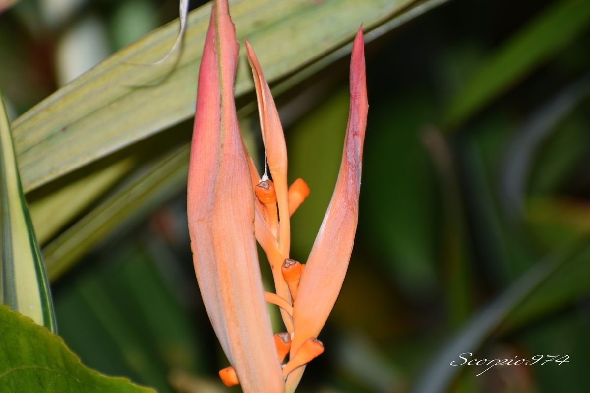 Nature, nature 974, Nature Réunion, nature de la Réunion, nature à la Réunion, flore introduite, flore introduite 974, flore introduite Réunion, flore introduite à la Réunion, flore introduite de la Réunion, flores introduites, flores introduites 974, flores introduites Réunion, flores introduites à la Réunion, flores introduites à la Réunion, fleur, fleur 974, fleur Réunion, fleur de la Réunion, fleur à la Réunion, fleur introduite, fleur introduite 974, fleur introduite Réunion, fleur introduite de la Réunion, fleur introduite à la Réunion, fleurs, fleurs 974, fleurs Réunion, fleurs de la Réunion, fleurs à la Réunion, fleur introduite, fleur introduite 974, fleur introduite Réunion, fleur introduite de la Réunion, fleur introduite à la Réunion, fleurs, fleurs 974, fleurs Réunion, fleurs de la Réunion, fleurs à la Réunion, fleurs introduites, fleurs introduites 974, fleurs introduites Réunion, fleurs introduites de la Réunion, fleur orange, fleur orange 974, fleur orange Réunion, fleur orange de la Réunion, fleur orange à la Réunion, fleurs oranges, fleurs oranges 974, fleurs oranges Réunion, fleurs oranges de la Réunion, fleurs oranges à la Réunion, fleur orange vif, fleur orange vif 974, fleur orange vif Réunion, fleur orange vif de la Réunion, fleur orange vif à la Réunion, fleurs oranges vifs, fleurs oranges vifs 974, fleurs oranges vifs Réunion, fleurs oranges vifs de la Réunion, fleurs oranges vifs, à la Réunion, fleur orange introduite, fleur orange introduite 974, fleur orange introduite Réunion, fleur orange introduite de la Réunion, fleur orange introduite à la Réunion, fleurs oranges introduites, fleurs oranges introduites 974, fleurs oranges introduites Réunion, fleurs oranges introduites de la Réunion, fleurs oranges introduites à la Réunion, fleur orange vif introduite, fleur orange vif introduite 974, fleur orange vif introduite Réunion, fleur orange vif introduite de la Réunion, fleur orange vif introduite à la Réunion, fleurs oranges vifs introduites, fleurs oranges vifs introduites 974, fleurs oranges vifs introduites Réunion, fleurs oranges vifs introduites de la Réunion, fleurs oranges vifs introduites à la Réunion, introduite, introduite 974, introduite Réunion, introduite de la Réunion, introduite à la Réunion, introduites, introduites 974, introduites Réunion, introduites à la Réunion, introduites de la Réunion, espèce introduite, espèce introduite 974, espèce introduite Réunion, espèce introduite de la Réunion, espèce introduite à la Réunion, espèces introduites, espèces introduites à la Réunion, espèces introduites 974, espèces introduites Réunion, espèces introduites de la Réunion, fleur orange commune, fleur orange commune 974, fleur orange commune Réunion, fleur orange commune de la Réunion, fleur orange commune à la Réunion, fleurs oranges communes, fleurs oranges communes 974, fleurs oranges communes Réunion, fleurs oranges communes de la Réunion, fleurs oranges communes à la Réunion, espèces florales, espèces florales 974, Réunion, espèces florales de la Réunion, espèces florales à la Réunion, espèce florale, espèce florale 974, Réunion, espèce florale de la Réunion, espèce florale à la Réunion, communs, communs Réunion, communs 974, communs de la Réunion, communs à la Réunion, commun, commun 974, commun Réunion, commun de la Réunion, commun à la Réunion, espèces florales introduites, espèces florales introduites 974, espèces florales introduites Réunion, espèces florales introduites de la Réunion, espèces florales introduites à la Réunion, espèce florale introduite, espèce florale introduite 974, espèce florale introduite Réunion, espèce florale introduite de la Réunion, espèce florale introduite à la Réunion, espèce cultivée, espèce cultivée 974, espèce cultivée Réunion, espèce cultivée de la Réunion, espèce cultivée à la Réunion, espèces cultivées, espèces cultivées 974, espèces cultivées Réunion, espèces cultivées de la Réunion, espèces cultivées à la Réunion, espèces florales cultivées, espèces florales cultivées Réunion, espèces florales cultivées de la Réunion, espèces florales cultivées à la Réunion, espèce florale cultivée, espèce florale cultivée 974, espèce florale cultivée Réunion, espèce florale cultivée de la Réunion, espèce florale ornemental, ornemental 974, ornemental Réunion, ornemental de la Réunion, ornemental à la Réunion, ornementales, ornementales 974, ornementales Réunion, ornementales de la Réunion, ornementales à la Réunion, espèce ornemental, espèce ornemental 974, espèce ornemental Réunion, espèce ornemental de la Réunion, espèce ornemental à la Réunion, espèces ornementales, espèces ornementales 974, espèces ornementales Réunion, espèces ornementales de la Réunion, espèces ornementales à la Réunion, flore magnifique, flore magnifique Réunion, flore magnifique de la Réunion, flore magnifique à la Réunion, espèces fleurs cultivées, espèces fleurs cultivées 974, espèces fleurs cultivées Réunion, espèces fleurs cultivées de la Réunion, espèces fleurs cultivées à la Réunion, espèce fleur cultivée, espèce fleur cultivée 974, espèce fleur cultivée Réunion, espèce fleur cultivée de la Réunion, espèce fleur cultivée à la Réunion, flore cultivées, flore cultivées 974, flore cultivées Réunion, flore cultivées de la Réunion, flore cultivées à la Réunion, fleur cultivée, fleur cultivée 974, fleur cultivée Réunion, fleur cultivée de la Réunion, fleur cultivée à la Réunion, fleurs cultivées, fleurs cultivées Réunion, fleurs cultivées de la Réunion, fleurs cultivées à la Réunion, cultivée à la Réunion, ornemental, ornemental 974, ornemental Réunion, ornemental de la Réunion, ornemental à la Réunion, ornementales, ornementales 974, ornementales Réunion, ornementales de la Réunion, ornementales à la Réunion, espèce ornemental, espèce ornemental 974, espèce ornemental Réunion, espèce ornemental de la Réunion, espèce ornemental à la Réunion, espèces ornementales, espèces ornementales 974, espèces ornementales Réunion, espèces ornementales de la Réunion, espèces ornementales à la Réunion, flore magnifique, flore magnifique Réunion, flore magnifique de la Réunion, flore magnifique à la Réunion, espèces fleurs cultivées, espèces fleurs cultivées 974, espèces fleurs cultivées Réunion, espèces fleurs cultivées de la Réunion, espèces fleurs cultivées à la Réunion, espèce fleur cultivée, espèce fleur cultivée 974, espèce fleur cultivée Réunion, espèce fleur cultivée de la Réunion, espèce fleur cultivée à la Réunion, flore cultivées, flore cultivées 974, flore cultivées Réunion, flore cultivées de la Réunion, flore cultivées à la Réunion, fleur cultivée, fleur cultivée 974, fleur cultivée Réunion, fleur cultivée de la Réunion, fleur cultivée à la Réunion, fleurs cultivées, fleurs cultivées Réunion, fleurs cultivées de la Réunion, fleurs cultivées à la Réunion, espèce cultivée,  espèce cultivée 974,  espèce cultivée Réunion,  espèce cultivée de la Réunion,  espèce cultivée à la Réunion, espèce cultivée pour sa qualité ornementale,  espèce cultivée pour sa qualité ornementale 974,  espèce cultivée pour sa qualité ornementale Réunion,  espèce cultivée pour sa qualité ornementale de la Réunion,  espèce cultivée pour sa qualité ornementale à la Réunion, Zingiberales, Zingiberales 974, Zingiberales Réunion, Zingiberales de la Réunion, Zingiberales à la Réunion, Heliconiaceae, Heliconiaceae 974, Heliconiaceae Réunion, Heliconiaceae de la Réunion, Heliconiaceae à la Réunion, Heliconia, Heliconia 974, Heliconia Réunion, Heliconia de la Réunion, Heliconia à la Réunion, Heliconia psittacorum, Heliconia psittacorum 974, Heliconia psittacorum Réunion, Heliconia psittacorum de la Réunion, Heliconia psittacorum à la Réunion, Heliconia psittacorum L.f., Heliconia psittacorum L.f. 974, Heliconia psittacorum L.f. Réunion, Heliconia psittacorum L.f. de la Réunion, Heliconia psittacorum L.f. à la Réunion, Heliconia psittacorum L.f. 1781, Heliconia psittacorum L.f. 1781 974, Heliconia psittacorum L.f. 1781 Réunion, Heliconia psittacorum L.f. 1781 de la Réunion, Heliconia psittacorum L.f. 1781 à la Réunion, Heliconia psittacorum (Retz., 1781), Heliconia psittacorum (Retz., 1781) 974, Heliconia psittacorum (Retz., 1781) Réunion, Heliconia psittacorum (Retz., 1781) à la Réunion, Conyza, Conyza 974, Conyza Réunion, Conyza de la Réunion, Conyza à la Réunion, Conyza albida, Conyza albida 974, Conyza albida Réunion, Conyza albida de la Réunion, Conyza albida à la Réunion, Conyza albida Willd. ex Spreng., Conyza albida Willd. ex Spreng. 974, Conyza albida Willd. ex Spreng. Réunion, Conyza albida Willd. ex Spreng. de la Réunion, Conyza albida Willd. ex Spreng. à la Réunion, Conyza albida Willd. ex Spreng. 1826, Conyza albida Willd. ex Spreng. 1826 974, Conyza albida Willd. ex Spreng. 1826 Réunion, Conyza albida Willd. ex Spreng. 1826 de la Réunion, Conyza albida Willd. ex Spreng. 1826 à la Réunion, Conyza albida (Willd. ex Spreng., 1826), Conyza albida (Willd. ex Spreng., 1826) 974, Conyza albida (Willd. ex Spreng., 1826) Réunion, Conyza albida (Willd. ex Spreng., 1826) à la Réunion, Conyza albida (Willd. ex Spreng., 1826) de la Réunion, Heliconia psittacorum (Retz., 1781) de la Réunion, Bihai, Bihai 974, Bihai Réunion, Bihai de la Réunion, Bihai à la Réunion, Bihai silvestris, Bihai silvestris 974, Bihai silvestris Réunion, Bihai silvestris de la Réunion, Bihai silvestris à la Réunion, Bihai silvestris Gleason, Bihai silvestris Gleason 974, Bihai silvestris Gleason Réunion, Bihai silvestris Gleason de la Réunion, Bihai silvestris Gleason à la Réunion, Heliconia cannoidea, Heliconia cannoidea 974, Heliconia cannoidea Réunion, Heliconia cannoidea de la Réunion, Heliconia cannoidea à la Réunion, Heliconia cannoidea Rich., Heliconia cannoidea Rich. 974, Heliconia cannoidea Rich. Réunion, Heliconia cannoidea Rich. à la Réunion, Heliconia cannoidea Rich. de la Réunion, Heliconia ballia, Heliconia ballia 974, Heliconia ballia Réunion, Heliconia ballia de la Réunion, Heliconia ballia à la Réunion, Heliconia ballia Rich., Heliconia ballia Rich. 974, Heliconia ballia Rich. Réunion, Heliconia ballia Rich. de la Réunion, Heliconia ballia Rich. à la Réunion, Heliconia ballia Rich. 1792, Heliconia ballia Rich. 1792 974, Heliconia ballia Rich. 1792 Réunion, Heliconia ballia Rich. 1792 de la Réunion, Heliconia ballia Rich. 1792 à la Réunion, Heliconia ballia (Rich., 1792), Heliconia ballia (Rich., 1792) 974, Heliconia ballia (Rich., 1792) Réunion, Heliconia ballia (Rich., 1792) à la Réunion, Heliconia ballia (Rich., 1792) de la Réunion, Heliconia brasiliensis var. concolor, Heliconia brasiliensis var. concolor 974, Heliconia brasiliensis var. concolor Réunion, Heliconia brasiliensis var. concolor de la Réunion, Heliconia brasiliensis var. concolor à la Réunion, Heliconia brasiliensis var. Concolor Petersen, Heliconia brasiliensis var. concolor Petersen 974, Heliconia brasiliensis var. concolor Petersen Réunion, Heliconia brasiliensis var. concolor Petersen de la Réunion, Heliconia brasiliensis var. concolor Petersen à la Réunion, Heliconia brasiliensis var. concolor Petersen 1890, Heliconia brasiliensis var. concolor Petersen 1890 974, Heliconia brasiliensis var. concolor Petersen 1890 Réunion, Heliconia brasiliensis var. concolor Petersen 1890 de la Réunion, Heliconia brasiliensis var. concolor Petersen 1890 à la Réunion, Heliconia brasiliensis var. concolor (Petersen, 1890), Heliconia brasiliensis var. concolor (Petersen, 1890) 974, Heliconia brasiliensis var. concolor (Petersen, 1890) Réunion, Heliconia brasiliensis var. concolor (Petersen, 1890) à la Réunion, Heliconia brasiliensis var. concolor (Petersen, 1890) de la Réunion, Heliconia hirsuta var. cannoidea, Heliconia hirsuta var. cannoidea 974, Heliconia hirsuta var. cannoidea Réunion, Heliconia hirsuta var. cannoidea de la Réunion, Heliconia hirsuta var. cannoidea à la Réunion, Heliconia hirsuta var. cannoidea (Rich.) Baker, Heliconia hirsuta var. cannoidea (Rich.) Baker 974, Heliconia hirsuta var. cannoidea (Rich.) Baker Réunion, Heliconia hirsuta var. cannoidea (Rich.) Baker de la Réunion, Heliconia hirsuta var. cannoidea (Rich.) Baker à la Réunion, Heliconia psittacorum var. schomburgkiana, Heliconia psittacorum var. schomburgkiana 974, Heliconia psittacorum var. schomburgkiana Réunion, Heliconia psittacorum var. schomburgkiana de la Réunion, Heliconia psittacorum var. schomburgkiana à la Réunion, Heliconia psittacorum var. schomburgkiana (Klotzsch) Baker, Heliconia psittacorum var. schomburgkiana (Klotzsch) Baker 974, Heliconia psittacorum var. schomburgkiana (Klotzsch) Baker Réunion, Heliconia psittacorum var. schomburgkiana (Klotzsch) Baker à la Réunion, Heliconia psittacorum var. schomburgkiana (Klotzsch) Baker de la Réunion, Heliconia humilis, Heliconia humilis 974, Heliconia humilis Réunion, Heliconia humilis de la Réunion, Heliconia humilis à la Réunion, Heliconia humilis (Aubl.) Jacq., Heliconia humilis (Aubl.) Jacq. 974, Heliconia humilis (Aubl.) Jacq. Réunion, Heliconia humilis (Aubl.) Jacq. de la Réunion, Heliconia humilis (Aubl.) Jacq. à la Réunion, Heliconia humilis (Aubl.) Jacq. 1797, Heliconia humilis (Aubl.) Jacq. 1797 974, Heliconia humilis (Aubl.) Jacq. 1797 Réunion, Heliconia humilis (Aubl.) Jacq. 1797 de la Réunion, Heliconia humilis (Aubl.) Jacq. 1797 à la Réunion, Heliconia humilis ((Aubl.) Jacq., 1797), Heliconia humilis ((Aubl.) Jacq., 1797) 974, Heliconia humilis ((Aubl.) Jacq., 1797) Réunion, Heliconia humilis ((Aubl.) Jacq., 1797) à la Réunion, Heliconia humilis ((Aubl.) Jacq., 1797) de la Réunion, Heliconia psittacorum var. rhizomatosa, Heliconia psittacorum var. rhizomatosa 974, Heliconia psittacorum var. rhizomatosa Réunion, Heliconia psittacorum var. rhizomatosa de la Réunion, Heliconia psittacorum var. rhizomatosa à la Réunion, Heliconia psittacorum var. rhizomatosa Aristeg., Heliconia psittacorum var. rhizomatosa Aristeg. 974, Heliconia psittacorum var. rhizomatosa Aristeg. Réunion, Heliconia psittacorum var. rhizomatosa Aristeg. de la Réunion, Heliconia psittacorum var. rhizomatosa Aristeg. à la Réunion, Heliconia psittacorum var. rhizomatosa Aristeg. 1961, Heliconia psittacorum var. rhizomatosa Aristeg. 1961 974, Heliconia psittacorum var. rhizomatosa Aristeg. 1961 Réunion, Heliconia psittacorum var. rhizomatosa Aristeg. 1961 de la Réunion, Heliconia psittacorum var. rhizomatosa Aristeg. 1961 à la Réunion, Heliconia psittacorum var. rhizomatosa (Aristeg., 1961), Heliconia psittacorum var. rhizomatosa (Aristeg., 1961) 974, Heliconia psittacorum var. rhizomatosa (Aristeg., 1961) Réunion, Heliconia psittacorum var. rhizomatosa (Aristeg., 1961) à la Réunion, Heliconia psittacorum var. rhizomatosa (Aristeg., 1961) de la Réunion, Heliconia schomburgkiana, Heliconia schomburgkiana 974, Heliconia schomburgkiana Réunion, Heliconia schomburgkiana de la Réunion, Heliconia schomburgkiana à la Réunion, Heliconia schomburgkiana Klotzsch, Heliconia schomburgkiana Klotzsch 974, Heliconia schomburgkiana Klotzsch Réunion, Heliconia schomburgkiana Klotzsch de la Réunion, Heliconia schomburgkiana Klotzsch à la Réunion, Heliconia schomburgkiana Klotzsch 1847, Heliconia schomburgkiana Klotzsch 1847 974, Heliconia schomburgkiana Klotzsch 1847 Réunion, Heliconia schomburgkiana Klotzsch 1847 de la Réunion, Heliconia schomburgkiana Klotzsch 1847 à la Réunion, Heliconia schomburgkiana (Klotzsch, 1847), Heliconia schomburgkiana (Klotzsch, 1847) 974, Heliconia schomburgkiana (Klotzsch, 1847) Réunion, Heliconia schomburgkiana (Klotzsch, 1847) à la Réunion, Heliconia schomburgkiana (Klotzsch, 1847) de la Réunion,  Heliconia silvestris, Heliconia silvestris 974, Heliconia silvestris Réunion, Heliconia silvestris de la Réunion, Heliconia silvestris à la Réunion, Heliconia silvestris (Gleason) L.B.Sm., Heliconia silvestris (Gleason) L.B.Sm. 974, Heliconia silvestris (Gleason) L.B.Sm. Réunion, Heliconia silvestris (Gleason) L.B.Sm. de la Réunion, Heliconia silvestris (Gleason) L.B.Sm. à la Réunion, Musa, Musa 974, Musa Réunion, Musa de la Réunion, Musa à la Réunion, ,  Musa humilis, Musa humilis 974, Musa humilis Réunion, Musa humilis de la Réunion, Musa humilis à la Réunion, Musa humilis humilis, Musa humilis humilis 974, Musa humilis humilis Réunion, Musa humilis humilis de la Réunion, Musa humilis humilis à la Réunion, Musa humilis humilis 1775, Musa humilis humilis 1775 974, Musa humilis humilis 1775 Réunion, Musa humilis humilis 1775 de la Réunion, Musa humilis humilis 1775 à la Réunion, Musa humilis (humilis, 1775), Musa humilis (humilis, 1775) 974, Musa humilis (humilis, 1775) Réunion, Musa humilis (humilis, 1775) à la Réunion, Musa humilis (humilis, 1775) de la Réunion, Sari ndzindzano mawa, Sari ndzindzano mawa 974, Sari ndzindzano mawa Réunion, Sari ndzindzano mawa de la Réunion, Sari ndzindzano mawa à la Réunion, Sari tamotamo, Sari tamotamo 974, Sari tamotamo Réunion, Sari tamotamo de la Réunion, Sari tamotamo à la Réunion, 