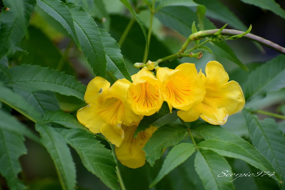 Nature, nature 974, Nature Réunion, nature de la Réunion, nature à la Réunion, flore introduite, flore introduite 974, flore introduite Réunion, flore introduite à la Réunion, flore introduite de la Réunion, flores introduites, flores introduites 974, flores introduites Réunion, flores introduites à la Réunion, flores introduites à la Réunion, fleur, fleur 974, fleur Réunion, fleur de la Réunion, fleur à la Réunion, Akène, Akène 974, Akène Réunion, Akène de la Réunion, Akène à la Réunion, Akène jaune, Akène jaune 974, Akène jaune Réunion, Akène jaune de la Réunion, Akène à la Réunion, fleur introduite, fleur introduite 974, fleur introduite Réunion, fleur introduite de la Réunion, fleur introduite à la Réunion, fleurs, fleurs 974, fleurs Réunion, fleurs de la Réunion, fleurs à la Réunion, fleur introduite, fleur introduite 974, fleur introduite Réunion, fleur introduite de la Réunion, fleur introduite à la Réunion, fleurs, fleurs 974, fleurs Réunion, fleurs de la Réunion, fleurs à la Réunion, fleurs introduites, fleurs introduites 974, fleurs introduites Réunion, fleurs introduites de la Réunion, fleur jaune, fleur jaune 974, fleur jaune Réunion, fleur jaune de la Réunion, fleur jaune à la Réunion, fleurs jaunes, fleurs jaunes 974, fleurs jaunes Réunion, fleurs jaunes de la Réunion, fleurs jaunes à la Réunion, fleur jaune vif, fleur jaune vif 974, fleur jaune vif Réunion, fleur jaune vif de la Réunion, fleur jaune vif à la Réunion, fleurs jaunes vifs, fleurs jaunes vifs 974, fleurs jaunes vifs Réunion, fleurs jaunes vifs de la Réunion, fleurs jaunes vifs, à la Réunion, fleur jaune introduite, fleur jaune introduite 974, fleur jaune introduite Réunion, fleur jaune introduite de la Réunion, fleur jaune introduite à la Réunion, fleurs jaunes introduites, fleurs jaunes introduites 974, fleurs jaunes introduites Réunion, fleurs jaunes introduites de la Réunion, fleurs jaunes introduites à la Réunion, fleur jaune vif introduite, fleur jaune vif introduite 974, fleur jaune vif introduite Réunion, fleur jaune vif introduite de la Réunion, fleur jaune vif introduite à la Réunion, fleurs jaunes vifs introduites, fleurs jaunes vifs introduites 974, fleurs jaunes vifs introduites Réunion, fleurs jaunes vifs introduites de la Réunion, fleurs jaunes vifs introduites à la Réunion, petits arbres, petits arbres 974, petits arbres Réunion, petits arbres de la Réunion, petits arbres à la Réunion, petit arbre, petit arbre 974, petit arbre de la Réunion, petit arbre Réunion, petit arbre à la Réunion, arbuste, arbuste 974, arbuste Réunion, arbuste de la Réunion, arbuste à la Réunion, arbustes, arbustes 974, arbustes Réunion, arbustes de la Réunion, arbustes à la Réunion, petits arbres à fleur jaune, petits arbres à fleur jaune 974, petits arbres à fleur jaune Réunion, petits arbres à fleur jaune de la Réunion, petits arbres à fleur jaune à la Réunion, petit arbre à fleurs jaunes, petit arbre à fleurs jaunes 974, petit arbre à fleurs jaunes Réunion, petit arbre à fleurs jaunes de la Réunion, petit arbre à fleurs jaunes à la Réunion, arbuste à fleur jaune, arbuste à fleur jaune 974, arbuste à fleur jaune Réunion, arbuste à fleur jaune de la Réunion, arbuste à fleur jaune à la Réunion, arbustes à fleurs jaunes, arbustes à fleurs jaunes 974, arbustes à fleurs jaunes Réunion, arbustes à fleurs jaunes de la Réunion, arbustes à fleurs jaunes à la Réunion, petits arbres à fleur jaune vif, petits arbres à fleur jaune vif 974, petits arbres à fleur jaune vif Réunion, petits arbres à fleur jaune vif à la Réunion, petits arbres à fleur jaune vif de la Réunion, petit arbre à fleurs jaunes vifs, petit arbre à fleurs jaunes vifs 974, petit arbre à fleurs jaunes vifs Réunion, petit arbre à fleurs jaunes vifs de la Réunion, petit arbre à fleurs jaunes vifs à la Réunion, arbuste à fleur jaune vif, arbuste à fleur jaune vif 974, arbuste à fleur jaune vif Réunion, arbuste à fleur jaune vif de la Réunion, arbuste à fleur jaune vif à la Réunion, arbustes à fleurs jaunes, arbustes à fleurs jaunes 974, arbustes à fleurs jaunes Réunion, arbustes à fleurs jaunes de la Réunion, arbustes à fleurs jaunes à la Réunion, petits arbres introduite, petits arbres introduite 974, petits arbres introduite Réunion, petits arbres introduite de la Réunion, petits arbres introduite à la Réunion, petit arbre introduites, petit arbre introduites 974, petit arbre introduites Réunion, petit arbre introduites de la Réunion, petit arbre introduites à la Réunion, arbustes introduites, arbustes introduites 974, arbustes introduites Réunion, arbustes introduites à la Réunion, arbustes introduites de la Réunion, arbuste introduite, arbuste introduite 974, arbuste introduite Réunion, arbuste introduite de la Réunion, arbuste introduite à la Réunion, petits arbres à fleur introduite 974, petits arbres à fleur introduite Réunion, petits arbres à fleur introduite de la Réunion, petits arbres à fleur introduite à la Réunion, petit arbre à fleurs introduites, petit arbre à fleurs introduites 974, petit arbre à fleurs introduites Réunion, petit arbre à fleurs introduites de la Réunion, petit arbre à fleurs introduites à la Réunion, petits arbres à fleur jaune introduite 974, petits arbres à fleur jaune introduite Réunion, petits arbres à fleur jaune introduite de la Réunion, petits arbres à fleur jaune introduite à la Réunion, petit arbre à fleur jaunes jaunes introduites, petit arbre à fleur jaunes jaunes introduites 974, petit arbre à fleur jaunes jaunes introduites Réunion, petit arbre à fleur jaunes jaunes introduites de la Réunion, petit arbre à fleur jaunes jaunes introduites à la Réunion,petits arbres à fleur jaune vif introduite 974, petits arbres à fleur jaune vif introduite Réunion, petits arbres à fleur jaune vif introduite de la Réunion, petits arbres à fleur jaune vif introduite à la Réunion, petit arbre à fleur jaunes vifs introarbuste à fleur introduite 974, arbuste à fleur introduite Réunion, arbuste à fleur introduite de la Réunion, arbuste à fleur introduite à la Réunion, arbustes à fleurs introduites, arbustes à fleurs introduites 974, arbustes à fleurs introduites Réunion, arbustes à fleurs introduites de la Réunion, arbustes à fleurs introduites à la Réunion, petit arbre à fleur jaunes vifs introduites, petit arbre à fleur jaunes vifs introduites 974, petit arbre à fleur jaunes vifs introduites Réunion, petit arbre à fleur jaunes vifs introduites de la Réunion, petit arbre à fleur jaunes vifs introduites à la Réunion, arbuste à fleur jaune introduite 974, arbuste à fleur jaune introduite Réunion, arbuste à fleur jaune introduite de la Réunion, arbuste à fleur jaune introduite à la Réunion, arbustes à fleur jaunes jaunes introduites, arbustes à fleur jaunes jaunes introduites 974, arbustes à fleur jaunes jaunes introduites Réunion, arbustes à fleur jaunes jaunes introduites de la Réunion, arbustes à fleur jaunes jaunes introduites à la Réunion, introduite, introduite 974, introduite Réunion, introduite de la Réunion, introduite à la Réunion, introduites, introduites 974, introduites Réunion, introduites à la Réunion, introduites de la Réunion, espèce introduite, espèce introduite 974, espèce introduite Réunion, espèce introduite de la Réunion, espèce introduite à la Réunion, espèces introduites, espèces introduites à la Réunion, espèces introduites 974, espèces introduites Réunion, espèces introduites de la Réunion, fleur jaune commune, fleur jaune commune 974, fleur jaune commune Réunion, fleur jaune commune de la Réunion, fleur jaune commune à la Réunion, fleurs jaunes communes, fleurs jaunes communes 974, fleurs jaunes communes Réunion, fleurs jaunes communes de la Réunion, fleurs jaunes communes à la Réunion, espèces florales, espèces florales 974, Réunion, espèces florales de la Réunion, espèces florales à la Réunion, espèce florale, espèce florale 974, Réunion, espèce florale de la Réunion, espèce florale à la Réunion, arbuste à fleur jaune envahissante, arbuste à fleur jaune envahissante 974, arbuste à fleur jaune envahissante Réunion, arbuste à fleur jaune envahissante de la Réunion, arbuste à fleur jaune envahissante à la Réunion, arbustes à fleurs jaunes envahissantes, arbustes à fleurs jaunes envahissantes 974, arbustes à fleurs jaunes envahissantes Réunion, arbustes à fleurs jaunes envahissantes de la Réunion, arbustes à fleurs jaunes envahissantes à la Réunion, communs, communs Réunion, communs 974, communs de la Réunion, communs à la Réunion, commun, commun 974, commun Réunion, commun de la Réunion, commun à la Réunion, espèces florales introduites, espèces florales introduites 974, espèces florales introduites Réunion, espèces florales introduites de la Réunion, espèces florales introduites à la Réunion, espèce florale introduite, espèce florale introduite 974, espèce florale introduite Réunion, espèce florale introduite de la Réunion, espèce florale introduite à la Réunion, espèce invasive, espèce invasive 974, espèce invasive Réunion, espèce invasive de la Réunion, espèce invasive à la Réunion, espèces invasives, espèces invasives 974, espèces invasives Réunion, espèces invasives de la Réunion, espèces invasives à la Réunion, espèces florales invasives, espèces florales invasives Réunion, espèces florales invasives de la Réunion, espèces florales invasives à la Réunion, espèce florale invasive, espèce florale invasive 974, espèce florale invasive Réunion, espèce florale invasive de la Réunion, espèce florale invasive à la Réunion, espèces florales envahissantes troisième, espèces florales envahissantes troisième 974, espèces florales envahissantes troisième Réunion, espèces florales envahissantes troisième de la Réunion, espèces florales envahissantes troisième à la Réunion, espèce florale envahissante troisième, espèce florale envahissante troisième 974, espèce florale envahissante troisième Réunion, espèce florale envahissante troisième de la Réunion, espèce florale envahissante troisième à la Réunion, espèces florales envahissantes de moyen niveau, espèces florales envahissantes de moyen niveau 974, espèces florales envahissantes de moyen niveau Réunion, espèces florales envahissantes de moyen niveau de la Réunion, espèces florales envahissantes de moyen niveau à la Réunion, espèce florale envahissante de moyen niveau, espèce florale envahissante de moyen niveau 974, espèce florale envahissante de moyen niveau Réunion, espèce florale envahissante de moyen niveau de la Réunion, espèce florale envahissante de moyen niveau à la Réunion, espèces florales nuisibles de niveau 3 sur 3, espèces florales nuisibles de niveau 3 sur 3 974, espèces florales nuisibles de niveau 3 sur 3 Réunion, espèces florales nuisibles de niveau 3 sur 3 de la Réunion, espèces florales nuisibles de niveau 3 sur 3 à la Réunion, espèce florale envahissante de trois sur trois, espèce florale envahissante de trois sur trois 974, espèce florale envahissante de trois sur trois Réunion, espèce florale envahissante de trois sur trois de la Réunion, espèce florale envahissante de trois sur trois à la Réunion, espèce florale envahissante de niveau 3 sur 3, espèce florale envahissante de niveau 3 sur 3 974, espèce florale envahissante de niveau 3 sur 3 Réunion, espèce florale envahissante de niveau 3 sur 3 de la Réunion, espèce florale envahissante de niveau 3 sur 3 à la Réunion, espèces florales envahissantes de niveau 3 sur 3, espèces florales envahissantes de niveau 3 sur 3 974, espèces florales envahissantes de niveau 3 sur 3 Réunion, espèces florales envahissantes de niveau 3 sur 3 de la Réunion, espèces florales envahissantes de niveau 3 sur 3 à la Réunion, espèces envahissantes de moyen niveau, espèces envahissantes de moyen niveau 974, espèces envahissantes de moyen niveau Réunion, espèces envahissantes de moyen niveau de la Réunion, espèces envahissantes de moyen niveau à la Réunion, espèce envahissante de moyen niveau, espèce envahissante de moyen niveau 974, espèce envahissante de moyen niveau Réunion, espèce envahissante de moyen niveau de la Réunion, espèce envahissante de moyen niveau à la Réunion, espèces envahissantes de niveau 3, espèces envahissantes de niveau 3 974, espèces envahissantes de niveau 3 Réunion, espèces envahissantes de niveau 3 de la Réunion, espèces envahissantes de niveau 3 à la Réunion, espèce envahissante de niveau 3, espèce envahissante de niveau 3 974, espèce envahissante de niveau 3 Réunion, espèce envahissante de niveau 3 de la Réunion, espèce envahissante de niveau 3 à la Réunion, espèces envahissantes de trois sur trois, espèces envahissantes de trois sur trois 974, espèces envahissantes de trois sur trois Réunion, espèces envahissantes de trois sur trois de la Réunion, espèces envahissantes de trois sur trois à la Réunion, espèce envahissante de trois sur trois, espèce envahissante de trois sur trois 974, espèce envahissante de trois sur trois Réunion, espèce envahissante de trois sur trois de la Réunion, espèce envahissante de trois sur trois à la Réunion, espèces envahissantes de niveau 3 sur 3, espèces envahissantes de niveau 3 sur 3 974, espèces envahissantes de niveau 3 sur 3 Réunion, espèces envahissantes de niveau 3 sur 3 de la Réunion, espèces envahissantes de niveau 3 sur 3 à la Réunion, espèce envahissante de niveau 3 sur 3, espèce envahissante de niveau 3 sur 3 974, espèce envahissante de niveau 3 sur 3 Réunion, espèce envahissante de niveau 3 sur 3 de la Réunion, espèce envahissante de niveau 3 sur 3 à la Réunion, espèces de fleurs invasives, espèces de fleurs invasives 974, espèces de fleurs invasives Réunion, espèces de fleurs invasives de la Réunion, espèces de fleurs invasives à la Réunion, espèce de fleur invasive, espèce de fleur invasive 974, espèce de fleur invasive Réunion, espèce de fleur invasive de la Réunion, espèce de fleur invasive à la Réunion, nuisible, nuisible 974, nuisible Réunion, nuisible de la Réunion, nuisible à la Réunion, nuisibles, nuisibles 974, nuisibles Réunion, nuisibles de la Réunion, nuisibles à la Réunion, espèce nuisible, espèce nuisible 974, espèce nuisible Réunion, espèce nuisible de la Réunion, espèce nuisible à la Réunion, espèces nuisibles, espèces nuisibles 974, espèces nuisibles Réunion, espèces nuisibles de la Réunion, espèces nuisibles à la Réunion, flore magnifique, flore magnifique Réunion, flore magnifique de la Réunion, flore magnifique à la Réunion, espèces fleurs invasives, espèces fleurs invasives 974, espèces fleurs invasives Réunion, espèces fleurs invasives de la Réunion, espèces fleurs invasives à la Réunion, espèce fleur invasive, espèce fleur invasive 974, espèce fleur invasive Réunion, espèce fleur invasive de la Réunion, espèce fleur invasive à la Réunion, flore invasives, flore invasives 974, flore invasives Réunion, flore invasives de la Réunion, flore invasives à la Réunion, fleur invasive, fleur invasive 974, fleur invasive Réunion, fleur invasive de la Réunion, fleur invasive à la Réunion, fleurs invasives, fleurs invasives Réunion, fleurs invasives de la Réunion, fleurs invasives à la Réunion, petite fleur, petite fleur 974, petite fleur Réunion, petite fleur de la Réunion, petite fleur à la Réunion, petite fleur introduite, petite fleur introduite 974, petite fleur introduite Réunion, petite fleur introduite de la Réunion, petite fleur introduite à la Réunion, petites fleurs, petites fleurs 974, petites fleurs Réunion, petites fleurs de la Réunion, petites fleurs à la Réunion, petite fleur introduite, petite fleur introduite 974, petite fleur introduite Réunion, petite fleur introduite de la Réunion, petite fleur introduite à la Réunion, petites fleurs, petites fleurs 974, petites fleurs Réunion, petites fleurs de la Réunion, petites fleurs à la Réunion, petites fleurs introduites, petites fleurs introduites 974, petites fleurs introduites Réunion, petites fleurs introduites de la Réunion, petite fleur jaune, petite fleur jaune 974, petite fleur jaune Réunion, petite fleur jaune de la Réunion, petite fleur jaune à la Réunion, petites fleurs jaunes, petites fleurs jaunes 974, petites fleurs jaunes Réunion, petites fleurs jaunes de la Réunion, petites fleurs jaunes à la Réunion, petite fleur jaune vif, petite fleur jaune vif 974, petite fleur jaune vif Réunion, petite fleur jaune vif de la Réunion, petite fleur jaune vif à la Réunion, petites fleurs jaunes vifs, petites fleurs jaunes vifs 974, petites fleurs jaunes vifs Réunion, petites fleurs jaunes vifs de la Réunion, petites fleurs jaunes vifs, à la Réunion, petite fleur jaune introduite, petite fleur jaune introduite 974, petite fleur jaune introduite Réunion, petite fleur jaune introduite de la Réunion, petite fleur jaune introduite à la Réunion, petites fleurs jaunes introduites, petites fleurs jaunes introduites 974, petites fleurs jaunes introduites Réunion, petites fleurs jaunes introduites de la Réunion, petites fleurs jaunes introduites à la Réunion, petite fleur jaune vif introduite, petite fleur jaune vif introduite 974, petite fleur jaune vif introduite Réunion, petite fleur jaune vif introduite de la Réunion, petite fleur jaune vif introduite à la Réunion, petites fleurs jaunes vifs introduites, petites fleurs jaunes vifs introduites 974, petites fleurs jaunes vifs introduites Réunion, petites fleurs jaunes vifs introduites de la Réunion, petites fleurs jaunes vifs introduites à la Réunion, petits arbres à petite fleur jaune, petits arbres à petite fleur jaune 974, petits arbres à petite fleur jaune Réunion, petits arbres à petite fleur jaune de la Réunion, petits arbres à petite fleur jaune à la Réunion, petit arbre à petites fleurs jaunes, petit arbre à petites fleurs jaunes 974, petit arbre à petites fleurs jaunes Réunion, petit arbre à petites fleurs jaunes de la Réunion, petit arbre à petites fleurs jaunes à la Réunion, arbuste à petite fleur jaune, arbuste à petite fleur jaune 974, arbuste à petite fleur jaune Réunion, arbuste à petite fleur jaune de la Réunion, arbuste à petite fleur jaune à la Réunion, arbustes à petites fleurs jaunes, arbustes à petites fleurs jaunes 974, arbustes à petites fleurs jaunes Réunion, arbustes à petites fleurs jaunes de la Réunion, arbustes à petites fleurs jaunes à la Réunion, petits arbres à petite fleur jaune vif, petits arbres à petite fleur jaune vif 974, petits arbres à petite fleur jaune vif Réunion, petits arbres à petite fleur jaune vif à la Réunion, petits arbres à petite fleur jaune vif de la Réunion, petit arbre à petites fleurs jaunes vifs, petit arbre à petites fleurs jaunes vifs 974, petit arbre à petites fleurs jaunes vifs Réunion, petit arbre à petites fleurs jaunes vifs de la Réunion, petit arbre à petites fleurs jaunes vifs à la Réunion, arbuste à petite fleur jaune vif, arbuste à petite fleur jaune vif 974, arbuste à petite fleur jaune vif Réunion, arbuste à petite fleur jaune vif de la Réunion, arbuste à petite fleur jaune vif à la Réunion, arbustes à petites fleurs jaunes, arbustes à petites fleurs jaunes 974, arbustes à petites fleurs jaunes Réunion, arbustes à petites fleurs jaunes de la Réunion, arbustes à petites fleurs jaunes à la Réunion, petits arbres à petite fleur introduite 974, petits arbres à petite fleur introduite Réunion, petits arbres à petite fleur introduite de la Réunion, petits arbres à petite fleur introduite à la Réunion, petit arbre à petites fleurs introduites, petit arbre à petites fleurs introduites 974, petit arbre à petites fleurs introduites Réunion, petit arbre à petites fleurs introduites de la Réunion, petit arbre à petites fleurs introduites à la Réunion, petits arbres à petite fleur jaune introduite 974, petits arbres à petite fleur jaune introduite Réunion, petits arbres à petite fleur jaune introduite de la Réunion, petits arbres à petite fleur jaune introduite à la Réunion, petit arbre à petite fleur jaunes jaunes introduites, petit arbre à petite fleur jaunes jaunes introduites 974, petit arbre à petite fleur jaunes jaunes introduites Réunion, petit arbre à petite fleur jaunes jaunes introduites de la Réunion, petit arbre à petite fleur jaunes jaunes introduites à la Réunion,petits arbres à petite fleur jaune vif introduite 974, petits arbres à petite fleur jaune vif introduite Réunion, petits arbres à petite fleur jaune vif introduite de la Réunion, petits arbres à petite fleur jaune vif introduite à la Réunion, petit arbre à petite fleur jaune vifs, arbuste à petite fleur introduite 974, arbuste à petite fleur introduite Réunion, arbuste à petite fleur introduite de la Réunion, arbuste à petite fleur introduite à la Réunion, arbustes à petites fleurs introduites, arbustes à petites fleurs introduites 974, arbustes à petites fleurs introduites Réunion, arbustes à petites fleurs introduites de la Réunion, arbustes à petites fleurs introduites à la Réunion, petit arbre à petite fleur jaunes vifs introduites, petit arbre à petite fleur jaunes vifs introduites 974, petit arbre à petite fleur jaunes vifs introduites Réunion, petit arbre à petite fleur jaunes vifs introduites de la Réunion, petit arbre à petite fleur jaunes vifs introduites à la Réunion, arbuste à petite fleur jaune introduite 974, arbuste à petite fleur jaune introduite Réunion, arbuste à petite fleur jaune introduite de la Réunion, arbuste à petite fleur jaune introduite à la Réunion, arbustes à petite fleur jaunes jaunes introduites, arbustes à petite fleur jaunes jaunes introduites 974, arbustes à petite fleur jaunes jaunes introduites Réunion, arbustes à petite fleur jaunes jaunes introduites de la Réunion, arbustes à petite fleur jaunes jaunes introduites à la Réunion, petite fleur jaune commune, petite fleur jaune commune 974, petite fleur jaune commune Réunion, petite fleur jaune commune de la Réunion, petite fleur jaune commune à la Réunion, petites fleurs jaunes communes, petites fleurs jaunes communes 974, petites fleurs jaunes communes Réunion, petites fleurs jaunes communes de la Réunion, petites fleurs jaunes communes à la Réunion, arbuste à petite fleur jaune envahissante, arbuste à petite fleur jaune envahissante 974, arbuste à petite fleur jaune envahissante Réunion, arbuste à petite fleur jaune envahissante de la Réunion, arbuste à petite fleur jaune envahissante à la Réunion, arbustes à petites fleurs jaunes envahissantes, arbustes à petites fleurs jaunes envahissantes 974, arbustes à petites fleurs jaunes envahissantes Réunion, arbustes à petites fleurs jaunes envahissantes de la Réunion, arbustes à petites fleurs jaunes envahissantes à la Réunion, espèces de petites fleurs invasives, espèces de petites fleurs invasives 974, espèces de petites fleurs invasives Réunion, espèces de petites fleurs invasives de la Réunion, espèces de petites fleurs invasives à la Réunion, espèce de petite fleur invasive, espèce de petite fleur invasive 974, espèce de petite fleur invasive Réunion, espèce de petite fleur invasive de la Réunion, espèce de petite fleur invasive à la Réunion, espèces petites fleurs invasives, espèces petites fleurs invasives 974, espèces petites fleurs invasives Réunion, espèces petites fleurs invasives de la Réunion, espèces petites fleurs invasives à la Réunion, espèce petite fleur invasive, espèce petite fleur invasive 974, espèce petite fleur invasive Réunion, espèce petite fleur invasive de la Réunion, espèce petite fleur invasive à la Réunion, petite fleur invasive, petite fleur invasive 974, petite fleur invasive Réunion, petite fleur invasive de la Réunion, petite fleur invasive à la Réunion, petites fleurs invasives, petites fleurs invasives Réunion, petites fleurs invasives de la Réunion, petites fleurs invasives à la Réunion, ,  flore introduite, flore introduite 974, flore introduite Réunion, flore introduite à la Réunion, flore introduite de la Réunion, flores introduites, flores introduites 974, flores introduites Réunion, flores introduites à la Réunion, flores introduites à la Réunion, fleur, fleur 974, fleur Réunion, fleur de la Réunion, fleur à la Réunion, Akène, Akène 974, Akène Réunion, Akène de la Réunion, Akène à la Réunion, Akène jaune, Akène jaune 974, Akène jaune Réunion, Akène jaune de la Réunion, Akène à la Réunion, fleur introduite, fleur introduite 974, fleur introduite Réunion, fleur introduite de la Réunion, fleur introduite à la Réunion, fleurs, fleurs 974, fleurs Réunion, fleurs de la Réunion, fleurs à la Réunion, fleur introduite, fleur introduite 974, fleur introduite Réunion, fleur introduite de la Réunion, fleur introduite à la Réunion, fleurs, fleurs 974, fleurs Réunion, fleurs de la Réunion, fleurs à la Réunion, fleurs introduites, fleurs introduites 974, fleurs introduites Réunion, fleurs introduites de la Réunion, fleur jaune, fleur jaune 974, fleur jaune Réunion, fleur jaune de la Réunion, fleur jaune à la Réunion, fleurs jaunes, fleurs jaunes 974, fleurs jaunes Réunion, fleurs jaunes de la Réunion, fleurs jaunes à la Réunion, fleur jaune vif, fleur jaune vif 974, fleur jaune vif Réunion, fleur jaune vif de la Réunion, fleur jaune vif à la Réunion, fleurs jaunes vifs, fleurs jaunes vifs 974, fleurs jaunes vifs Réunion, fleurs jaunes vifs de la Réunion, fleurs jaunes vifs, à la Réunion, fleur jaune introduite, fleur jaune introduite 974, fleur jaune introduite Réunion, fleur jaune introduite de la Réunion, fleur jaune introduite à la Réunion, fleurs jaunes introduites, fleurs jaunes introduites 974, fleurs jaunes introduites Réunion, fleurs jaunes introduites de la Réunion, fleurs jaunes introduites à la Réunion, fleur jaune vif introduite, fleur jaune vif introduite 974, fleur jaune vif introduite Réunion, fleur jaune vif introduite de la Réunion, fleur jaune vif introduite à la Réunion, fleurs jaunes vifs introduites, fleurs jaunes vifs introduites 974, fleurs jaunes vifs introduites Réunion, fleurs jaunes vifs introduites de la Réunion, fleurs jaunes vifs introduites à la Réunion, petits arbres, petits arbres 974, petits arbres Réunion, petits arbres de la Réunion, petits arbres à la Réunion, petit arbre, petit arbre 974, petit arbre de la Réunion, petit arbre Réunion, petit arbre à la Réunion, arbuste, arbuste 974, arbuste Réunion, arbuste de la Réunion, arbuste à la Réunion, arbustes, arbustes 974, arbustes Réunion, arbustes de la Réunion, arbustes à la Réunion, petits arbres à fleur jaune, petits arbres à fleur jaune 974, petits arbres à fleur jaune Réunion, petits arbres à fleur jaune de la Réunion, petits arbres à fleur jaune à la Réunion, petit arbre à fleurs jaunes, petit arbre à fleurs jaunes 974, petit arbre à fleurs jaunes Réunion, petit arbre à fleurs jaunes de la Réunion, petit arbre à fleurs jaunes à la Réunion, arbuste à fleur jaune, arbuste à fleur jaune 974, arbuste à fleur jaune Réunion, arbuste à fleur jaune de la Réunion, arbuste à fleur jaune à la Réunion, arbustes à fleurs jaunes, arbustes à fleurs jaunes 974, arbustes à fleurs jaunes Réunion, arbustes à fleurs jaunes de la Réunion, arbustes à fleurs jaunes à la Réunion, petits arbres à fleur jaune vif, petits arbres à fleur jaune vif 974, petits arbres à fleur jaune vif Réunion, petits arbres à fleur jaune vif à la Réunion, petits arbres à fleur jaune vif de la Réunion, petit arbre à fleurs jaunes vifs, petit arbre à fleurs jaunes vifs 974, petit arbre à fleurs jaunes vifs Réunion, petit arbre à fleurs jaunes vifs de la Réunion, petit arbre à fleurs jaunes vifs à la Réunion, arbuste à fleur jaune vif, arbuste à fleur jaune vif 974, arbuste à fleur jaune vif Réunion, arbuste à fleur jaune vif de la Réunion, arbuste à fleur jaune vif à la Réunion, arbustes à fleurs jaunes, arbustes à fleurs jaunes 974, arbustes à fleurs jaunes Réunion, arbustes à fleurs jaunes de la Réunion, arbustes à fleurs jaunes à la Réunion, petits arbres introduite, petits arbres introduite 974, petits arbres introduite Réunion, petits arbres introduite de la Réunion, petits arbres introduite à la Réunion, petit arbre introduites, petit arbre introduites 974, petit arbre introduites Réunion, petit arbre introduites de la Réunion, petit arbre introduites à la Réunion, arbustes introduites, arbustes introduites 974, arbustes introduites Réunion, arbustes introduites à la Réunion, arbustes introduites de la Réunion, arbuste introduite, arbuste introduite 974, arbuste introduite Réunion, arbuste introduite de la Réunion, arbuste introduite à la Réunion, petits arbres à fleur introduite 974, petits arbres à fleur introduite Réunion, petits arbres à fleur introduite de la Réunion, petits arbres à fleur introduite à la Réunion, petit arbre à fleurs introduites, petit arbre à fleurs introduites 974, petit arbre à fleurs introduites Réunion, petit arbre à fleurs introduites de la Réunion, petit arbre à fleurs introduites à la Réunion, petits arbres à fleur jaune introduite 974, petits arbres à fleur jaune introduite Réunion, petits arbres à fleur jaune introduite de la Réunion, petits arbres à fleur jaune introduite à la Réunion, petit arbre à fleur jaunes jaunes introduites, petit arbre à fleur jaunes jaunes introduites 974, petit arbre à fleur jaunes jaunes introduites Réunion, petit arbre à fleur jaunes jaunes introduites de la Réunion, petit arbre à fleur jaunes jaunes introduites à la Réunion,petits arbres à fleur jaune vif introduite 974, petits arbres à fleur jaune vif introduite Réunion, petits arbres à fleur jaune vif introduite de la Réunion, petits arbres à fleur jaune vif introduite à la Réunion, petit arbre à fleur jaunes vifs introarbuste à fleur introduite 974, arbuste à fleur introduite Réunion, arbuste à fleur introduite de la Réunion, arbuste à fleur introduite à la Réunion, arbustes à fleurs introduites, arbustes à fleurs introduites 974, arbustes à fleurs introduites Réunion, arbustes à fleurs introduites de la Réunion, arbustes à fleurs introduites à la Réunion, petit arbre à fleur jaunes vifs introduites, petit arbre à fleur jaunes vifs introduites 974, petit arbre à fleur jaunes vifs introduites Réunion, petit arbre à fleur jaunes vifs introduites de la Réunion, petit arbre à fleur jaunes vifs introduites à la Réunion, arbuste à fleur jaune introduite 974, arbuste à fleur jaune introduite Réunion, arbuste à fleur jaune introduite de la Réunion, arbuste à fleur jaune introduite à la Réunion, arbustes à fleur jaunes jaunes introduites, arbustes à fleur jaunes jaunes introduites 974, arbustes à fleur jaunes jaunes introduites Réunion, arbustes à fleur jaunes jaunes introduites de la Réunion, arbustes à fleur jaunes jaunes introduites à la Réunion, introduite, introduite 974, introduite Réunion, introduite de la Réunion, introduite à la Réunion, introduites, introduites 974, introduites Réunion, introduites à la Réunion, introduites de la Réunion, espèce introduite, espèce introduite 974, espèce introduite Réunion, espèce introduite de la Réunion, espèce introduite à la Réunion, espèces introduites, espèces introduites à la Réunion, espèces introduites 974, espèces introduites Réunion, espèces introduites de la Réunion, fleur jaune commune, fleur jaune commune 974, fleur jaune commune Réunion, fleur jaune commune de la Réunion, fleur jaune commune à la Réunion, fleurs jaunes communes, fleurs jaunes communes 974, fleurs jaunes communes Réunion, fleurs jaunes communes de la Réunion, fleurs jaunes communes à la Réunion, espèces florales, espèces florales 974, Réunion, espèces florales de la Réunion, espèces florales à la Réunion, espèce florale, espèce florale 974, Réunion, espèce florale de la Réunion, espèce florale à la Réunion, arbuste à fleur jaune envahissante, arbuste à fleur jaune envahissante 974, arbuste à fleur jaune envahissante Réunion, arbuste à fleur jaune envahissante de la Réunion, arbuste à fleur jaune envahissante à la Réunion, arbustes à fleurs jaunes envahissantes, arbustes à fleurs jaunes envahissantes 974, arbustes à fleurs jaunes envahissantes Réunion, arbustes à fleurs jaunes envahissantes de la Réunion, arbustes à fleurs jaunes envahissantes à la Réunion, communs, communs Réunion, communs 974, communs de la Réunion, communs à la Réunion, commun, commun 974, commun Réunion, commun de la Réunion, commun à la Réunion, espèces florales introduites, espèces florales introduites 974, espèces florales introduites Réunion, espèces florales introduites de la Réunion, espèces florales introduites à la Réunion, espèce florale introduite, espèce florale introduite 974, espèce florale introduite Réunion, espèce florale introduite de la Réunion, espèce florale introduite à la Réunion, espèce invasive, espèce invasive 974, espèce invasive Réunion, espèce invasive de la Réunion, espèce invasive à la Réunion, espèces invasives, espèces invasives 974, espèces invasives Réunion, espèces invasives de la Réunion, espèces invasives à la Réunion, espèces florales invasives, espèces florales invasives Réunion, espèces florales invasives de la Réunion, espèces florales invasives à la Réunion, espèce florale invasive, espèce florale invasive 974, espèce florale invasive Réunion, espèce florale invasive de la Réunion, espèce florale invasive à la Réunion, espèces florales envahissantes cinqième, espèces florales envahissantes cinqième 974, espèces florales envahissantes cinqième Réunion, espèces florales envahissantes cinqième de la Réunion, espèces florales envahissantes cinqième à la Réunion, espèce florale envahissante cinqième, espèce florale envahissante cinqième 974, espèce florale envahissante cinqième Réunion, espèce florale envahissante cinqième de la Réunion, espèce florale envahissante cinqième à la Réunion, espèces florales envahissantes de moyen niveau, espèces florales envahissantes de moyen niveau 974, espèces florales envahissantes de moyen niveau Réunion, espèces florales envahissantes de moyen niveau de la Réunion, espèces florales envahissantes de moyen niveau à la Réunion, espèce florale envahissante de moyen niveau, espèce florale envahissante de moyen niveau 974, espèce florale envahissante de moyen niveau Réunion, espèce florale envahissante de moyen niveau de la Réunion, espèce florale envahissante de moyen niveau à la Réunion, espèces florales nuisibles de niveau 5 sur 5, espèces florales nuisibles de niveau 5 sur 5 974, espèces florales nuisibles de niveau 5 sur 5 Réunion, espèces florales nuisibles de niveau 5 sur 5 de la Réunion, espèces florales nuisibles de niveau 5 sur 5 à la Réunion, espèce florale envahissante de cinq sur cinq, espèce florale envahissante de cinq sur cinq 974, espèce florale envahissante de cinq sur cinq Réunion, espèce florale envahissante de cinq sur cinq de la Réunion, espèce florale envahissante de cinq sur cinq à la Réunion, espèce florale envahissante de niveau 5 sur 5, espèce florale envahissante de niveau 5 sur 5 974, espèce florale envahissante de niveau 5 sur 5 Réunion, espèce florale envahissante de niveau 5 sur 5 de la Réunion, espèce florale envahissante de niveau 5 sur 5 à la Réunion, espèces florales envahissantes de niveau 5 sur 5, espèces florales envahissantes de niveau 5 sur 5 974, espèces florales envahissantes de niveau 5 sur 5 Réunion, espèces florales envahissantes de niveau 5 sur 5 de la Réunion, espèces florales envahissantes de niveau 5 sur 5 à la Réunion, espèces envahissantes de moyen niveau, espèces envahissantes de moyen niveau 974, espèces envahissantes de moyen niveau Réunion, espèces envahissantes de moyen niveau de la Réunion, espèces envahissantes de moyen niveau à la Réunion, espèce envahissante de moyen niveau, espèce envahissante de moyen niveau 974, espèce envahissante de moyen niveau Réunion, espèce envahissante de moyen niveau de la Réunion, espèce envahissante de moyen niveau à la Réunion, espèces envahissantes de niveau 5, espèces envahissantes de niveau 5 974, espèces envahissantes de niveau 5 Réunion, espèces envahissantes de niveau 5 de la Réunion, espèces envahissantes de niveau 5 à la Réunion, espèce envahissante de niveau 5, espèce envahissante de niveau 5 974, espèce envahissante de niveau 5 Réunion, espèce envahissante de niveau 5 de la Réunion, espèce envahissante de niveau 5 à la Réunion, espèces envahissantes de cinq sur cinq, espèces envahissantes de cinq sur cinq 974, espèces envahissantes de cinq sur cinq Réunion, espèces envahissantes de cinq sur cinq de la Réunion, espèces envahissantes de cinq sur cinq à la Réunion, espèce envahissante de cinq sur cinq, espèce envahissante de cinq sur cinq 974, espèce envahissante de cinq sur cinq Réunion, espèce envahissante de cinq sur cinq de la Réunion, espèce envahissante de cinq sur cinq à la Réunion, espèces envahissantes de niveau 5 sur 5, espèces envahissantes de niveau 5 sur 5 974, espèces envahissantes de niveau 5 sur 5 Réunion, espèces envahissantes de niveau 5 sur 5 de la Réunion, espèces envahissantes de niveau 5 sur 5 à la Réunion, espèce envahissante de niveau 5 sur 5, espèce envahissante de niveau 5 sur 5 974, espèce envahissante de niveau 5 sur 5 Réunion, espèce envahissante de niveau 5 sur 5 de la Réunion, espèce envahissante de niveau 5 sur 5 à la Réunion, espèces de fleurs invasives, espèces de fleurs invasives 974, espèces de fleurs invasives Réunion, espèces de fleurs invasives de la Réunion, espèces de fleurs invasives à la Réunion, espèce de fleur invasive, espèce de fleur invasive 974, espèce de fleur invasive Réunion, espèce de fleur invasive de la Réunion, espèce de fleur invasive à la Réunion, nuisible, nuisible 974, nuisible Réunion, nuisible de la Réunion, nuisible à la Réunion, nuisibles, nuisibles 974, nuisibles Réunion, nuisibles de la Réunion, nuisibles à la Réunion, espèce nuisible, espèce nuisible 974, espèce nuisible Réunion, espèce nuisible de la Réunion, espèce nuisible à la Réunion, espèces nuisibles, espèces nuisibles 974, espèces nuisibles Réunion, espèces nuisibles de la Réunion, espèces nuisibles à la Réunion, flore magnifique, flore magnifique Réunion, flore magnifique de la Réunion, flore magnifique à la Réunion, espèces fleurs invasives, espèces fleurs invasives 974, espèces fleurs invasives Réunion, espèces fleurs invasives de la Réunion, espèces fleurs invasives à la Réunion, espèce fleur invasive, espèce fleur invasive 974, espèce fleur invasive Réunion, espèce fleur invasive de la Réunion, espèce fleur invasive à la Réunion, flore invasives, flore invasives 974, flore invasives Réunion, flore invasives de la Réunion, flore invasives à la Réunion, fleur invasive, fleur invasive 974, fleur invasive Réunion, fleur invasive de la Réunion, fleur invasive à la Réunion, fleurs invasives, fleurs invasives Réunion, fleurs invasives de la Réunion, fleurs invasives à la Réunion, petite fleur, petite fleur 974, petite fleur Réunion, petite fleur de la Réunion, petite fleur à la Réunion, petite fleur introduite, petite fleur introduite 974, petite fleur introduite Réunion, petite fleur introduite de la Réunion, petite fleur introduite à la Réunion, petites fleurs, petites fleurs 974, petites fleurs Réunion, petites fleurs de la Réunion, petites fleurs à la Réunion, petite fleur introduite, petite fleur introduite 974, petite fleur introduite Réunion, petite fleur introduite de la Réunion, petite fleur introduite à la Réunion, petites fleurs, petites fleurs 974, petites fleurs Réunion, petites fleurs de la Réunion, petites fleurs à la Réunion, petites fleurs introduites, petites fleurs introduites 974, petites fleurs introduites Réunion, petites fleurs introduites de la Réunion, petite fleur jaune, petite fleur jaune 974, petite fleur jaune Réunion, petite fleur jaune de la Réunion, petite fleur jaune à la Réunion, petites fleurs jaunes, petites fleurs jaunes 974, petites fleurs jaunes Réunion, petites fleurs jaunes de la Réunion, petites fleurs jaunes à la Réunion, petite fleur jaune vif, petite fleur jaune vif 974, petite fleur jaune vif Réunion, petite fleur jaune vif de la Réunion, petite fleur jaune vif à la Réunion, petites fleurs jaunes vifs, petites fleurs jaunes vifs 974, petites fleurs jaunes vifs Réunion, petites fleurs jaunes vifs de la Réunion, petites fleurs jaunes vifs, à la Réunion, petite fleur jaune introduite, petite fleur jaune introduite 974, petite fleur jaune introduite Réunion, petite fleur jaune introduite de la Réunion, petite fleur jaune introduite à la Réunion, petites fleurs jaunes introduites, petites fleurs jaunes introduites 974, petites fleurs jaunes introduites Réunion, petites fleurs jaunes introduites de la Réunion, petites fleurs jaunes introduites à la Réunion, petite fleur jaune vif introduite, petite fleur jaune vif introduite 974, petite fleur jaune vif introduite Réunion, petite fleur jaune vif introduite de la Réunion, petite fleur jaune vif introduite à la Réunion, petites fleurs jaunes vifs introduites, petites fleurs jaunes vifs introduites 974, petites fleurs jaunes vifs introduites Réunion, petites fleurs jaunes vifs introduites de la Réunion, petites fleurs jaunes vifs introduites à la Réunion, petits arbres à petite fleur jaune, petits arbres à petite fleur jaune 974, petits arbres à petite fleur jaune Réunion, petits arbres à petite fleur jaune de la Réunion, petits arbres à petite fleur jaune à la Réunion, petit arbre à petites fleurs jaunes, petit arbre à petites fleurs jaunes 974, petit arbre à petites fleurs jaunes Réunion, petit arbre à petites fleurs jaunes de la Réunion, petit arbre à petites fleurs jaunes à la Réunion, arbuste à petite fleur jaune, arbuste à petite fleur jaune 974, arbuste à petite fleur jaune Réunion, arbuste à petite fleur jaune de la Réunion, arbuste à petite fleur jaune à la Réunion, arbustes à petites fleurs jaunes, arbustes à petites fleurs jaunes 974, arbustes à petites fleurs jaunes Réunion, arbustes à petites fleurs jaunes de la Réunion, arbustes à petites fleurs jaunes à la Réunion, petits arbres à petite fleur jaune vif, petits arbres à petite fleur jaune vif 974, petits arbres à petite fleur jaune vif Réunion, petits arbres à petite fleur jaune vif à la Réunion, petits arbres à petite fleur jaune vif de la Réunion, petit arbre à petites fleurs jaunes vifs, petit arbre à petites fleurs jaunes vifs 974, petit arbre à petites fleurs jaunes vifs Réunion, petit arbre à petites fleurs jaunes vifs de la Réunion, petit arbre à petites fleurs jaunes vifs à la Réunion, arbuste à petite fleur jaune vif, arbuste à petite fleur jaune vif 974, arbuste à petite fleur jaune vif Réunion, arbuste à petite fleur jaune vif de la Réunion, arbuste à petite fleur jaune vif à la Réunion, arbustes à petites fleurs jaunes, arbustes à petites fleurs jaunes 974, arbustes à petites fleurs jaunes Réunion, arbustes à petites fleurs jaunes de la Réunion, arbustes à petites fleurs jaunes à la Réunion, petits arbres à petite fleur introduite 974, petits arbres à petite fleur introduite Réunion, petits arbres à petite fleur introduite de la Réunion, petits arbres à petite fleur introduite à la Réunion, petit arbre à petites fleurs introduites, petit arbre à petites fleurs introduites 974, petit arbre à petites fleurs introduites Réunion, petit arbre à petites fleurs introduites de la Réunion, petit arbre à petites fleurs introduites à la Réunion, petits arbres à petite fleur jaune introduite 974, petits arbres à petite fleur jaune introduite Réunion, petits arbres à petite fleur jaune introduite de la Réunion, petits arbres à petite fleur jaune introduite à la Réunion, petit arbre à petite fleur jaunes jaunes introduites, petit arbre à petite fleur jaunes jaunes introduites 974, petit arbre à petite fleur jaunes jaunes introduites Réunion, petit arbre à petite fleur jaunes jaunes introduites de la Réunion, petit arbre à petite fleur jaunes jaunes introduites à la Réunion,petits arbres à petite fleur jaune vif introduite 974, petits arbres à petite fleur jaune vif introduite Réunion, petits arbres à petite fleur jaune vif introduite de la Réunion, petits arbres à petite fleur jaune vif introduite à la Réunion, petit arbre à petite fleur jaune vifs, arbuste à petite fleur introduite 974, arbuste à petite fleur introduite Réunion, arbuste à petite fleur introduite de la Réunion, arbuste à petite fleur introduite à la Réunion, arbustes à petites fleurs introduites, arbustes à petites fleurs introduites 974, arbustes à petites fleurs introduites Réunion, arbustes à petites fleurs introduites de la Réunion, arbustes à petites fleurs introduites à la Réunion, petit arbre à petite fleur jaunes vifs introduites, petit arbre à petite fleur jaunes vifs introduites 974, petit arbre à petite fleur jaunes vifs introduites Réunion, petit arbre à petite fleur jaunes vifs introduites de la Réunion, petit arbre à petite fleur jaunes vifs introduites à la Réunion, arbuste à petite fleur jaune introduite 974, arbuste à petite fleur jaune introduite Réunion, arbuste à petite fleur jaune introduite de la Réunion, arbuste à petite fleur jaune introduite à la Réunion, arbustes à petite fleur jaunes jaunes introduites, arbustes à petite fleur jaunes jaunes introduites 974, arbustes à petite fleur jaunes jaunes introduites Réunion, arbustes à petite fleur jaunes jaunes introduites de la Réunion, arbustes à petite fleur jaunes jaunes introduites à la Réunion, petite fleur jaune commune, petite fleur jaune commune 974, petite fleur jaune commune Réunion, petite fleur jaune commune de la Réunion, petite fleur jaune commune à la Réunion, petites fleurs jaunes communes, petites fleurs jaunes communes 974, petites fleurs jaunes communes Réunion, petites fleurs jaunes communes de la Réunion, petites fleurs jaunes communes à la Réunion, arbuste à petite fleur jaune envahissante, arbuste à petite fleur jaune envahissante 974, arbuste à petite fleur jaune envahissante Réunion, arbuste à petite fleur jaune envahissante de la Réunion, arbuste à petite fleur jaune envahissante à la Réunion, arbustes à petites fleurs jaunes envahissantes, arbustes à petites fleurs jaunes envahissantes 974, arbustes à petites fleurs jaunes envahissantes Réunion, arbustes à petites fleurs jaunes envahissantes de la Réunion, arbustes à petites fleurs jaunes envahissantes à la Réunion, espèces de petites fleurs invasives, espèces de petites fleurs invasives 974, espèces de petites fleurs invasives Réunion, espèces de petites fleurs invasives de la Réunion, espèces de petites fleurs invasives à la Réunion, espèce de petite fleur invasive, espèce de petite fleur invasive 974, espèce de petite fleur invasive Réunion, espèce de petite fleur invasive de la Réunion, espèce de petite fleur invasive à la Réunion, espèces petites fleurs invasives, espèces petites fleurs invasives 974, espèces petites fleurs invasives Réunion, espèces petites fleurs invasives de la Réunion, espèces petites fleurs invasives à la Réunion, espèce petite fleur invasive, espèce petite fleur invasive 974, espèce petite fleur invasive Réunion, espèce petite fleur invasive de la Réunion, espèce petite fleur invasive à la Réunion, petite fleur invasive, petite fleur invasive 974, petite fleur invasive Réunion, petite fleur invasive de la Réunion, petite fleur invasive à la Réunion, petites fleurs invasives, petites fleurs invasives Réunion, petites fleurs invasives de la Réunion, petites fleurs invasives à la Réunion, espèce envahissante, espèce envahissante 974, espèce envahissante Réunion, espèce envahissante de la Réunion, espèce envahissante à la Réunion, envahissante, envahissante 974, envahissante Réunion, envahissante de la Réunion, envahissante à la Réunion, espèce introduite, espèce introduite 974, espèce introduite Réunion, espèce introduite à la Réunion, espèce introduite de la Réunion, introduite, introduite 974, introduite Réunion, introduite de la Réunion, introduite à la Réunion, plantes invasives, plantes invasives 974, plantes invasives Réunion, plantes invasives de la Réunion, plantes invasives à la Réunion, espèce invasive, espèce invasive, espèce invasive 974, espèce invasive Réunion, espèce invasive de la Réunion, espèce invasive à la Réunion, Trompette d’or, Trompette d’or 974, Trompette d’or Réunion, Trompette d’or de la Réunion, Trompette d’or à la Réunion, Bois pissenlit, Bois pissenlit 974, Bois pissenlit de la Réunion, Bois pissenlit à la Réunion, Bois pissenlit à capsules brunes, Bois pissenlit à capsules brunes 974, Bois pissenlit à capsules brunes Réunion, Bois pissenlit à capsules brunes de la Réunion, Bois pissenlit à capsules brunes à la Réunion,   Bois pissenlit brune, Bois pissenlit brune 974, Bois pissenlit Réunion, Bois pissenlit brune de la Réunion, Bois pissenlit brune à la Réunion, Bois Caraïbe, Bois Caraïbe 974, Bois Caraïbe Réunion, Bois Caraïbe de la Réunion, Bois Caraïbe à la Réunion,  Bignonia jaune, Bignonia jaune 974, Bignonia jaune Réunion, Bignonia jaune de la Réunion, Bignonia jaune à la Réunion, Tecoma stans (L.), Tecoma stans (L.) 974, Tecoma stans (L.) Réunion, Tecoma stans (L.) de la Réunion, Tecoma stans (L.) à la Réunion, Tecoma stans (L.) Juss. ex, Tecoma stans (L.) Juss. ex 974, Tecoma stans (L.) Juss. ex Réunion, Tecoma stans (L.) Juss. ex de la Réunion, Tecoma stans (L.) Juss. ex à la Réunion, Tecoma stans (L.) Juss. ex Kunth, Tecoma stans (L.) Juss. ex Kunth 974, Tecoma stans (L.) Juss. ex Kunth Réunion, Tecoma stans (L.) Juss. ex Kunth de la Raunion, Tecoma stans (L.) Juss. ex Kunth à la Réunion, Bignonia stans L., Bignonia stans L. 974, Bignonia stans L. Réunion, Bignonia stans L. de la Réunion, Bignonia stans L. e la Réunion, Dolichos cuneifolius Forssk, Dolichos cuneifolius Forssk 974, Dolichos cuneifolius Forssk Réunion, Dolichos cuneifolius Forssk de la Réunion, Dolichos cuneifolius Forssk à la Réunion, Tecoma stans var. apiifolia Hort. ex DC, Tecoma stans var. apiifolia Hort. ex DC 974, Tecoma stans var. apiifolia Hort. ex DC Réunion, Tecoma stans var. apiifolia Hort. ex DC de la Réunion, Tecoma stans var. apiifolia Hort. ex DC à la Réunion, Lamiales, Lamiales 974, Lamiales Réunion, Lamiales de la Réunion, Lamiales à la Réunion, Bignoniaceae, Bignoniaceae 974, Bignoniaceae Réunion, Bignoniaceae de la Réunion, Bignoniaceae à la Réunion, Faboideae, Faboideae 974, Faboideae Réunion, Faboideae de la Réunion, Faboideae à la Réunion, Tecomeae, Tecomeae 974, Tecomeae Réunion, Tecomeae de la Réunion, Tecomeae à la Réunion, Tecoma, Tecoma 974, Tecoma Réunion, Tecoma de la Réunion, Tecoma à la Réunion, Pïti, Pïti 974, Pïti Réunion, Pïti de la Réunion, Pïti à la Réunion, Kohai, Kohai 974, Kohai Réunion, Kohai de la Réunion, Kohai à la Réunion, Bois à enivrer, Bois à enivrer 974, Bois à enivrer de la Réunion, Bois à enivrer Réunion, Bois à enivrer à la Réunion, Tecoma stans (L.) Juss. ex Kunth 1819, Tecoma stans (L.) Juss. ex Kunth 1819 Réunion, Tecoma stans (L.) Juss. ex Kunth 1819 de la Réunion, Tecoma stans (L.) Juss. ex Kunth 1819 à la Réunion, Tecoma stans ((L.) Juss. ex Kunth 1819), Tecoma stans ((L.) Juss. ex Kunth 1819) 974, Tecoma stans ((L.) Juss. ex Kunth 1819) Réunion, Tecoma stans ((L.) Juss. ex Kunth 1819) de la Réunion, Tecoma stans ((L.) Juss. ex Kunth 1819) à la Réunion, Stenolobium stans, Stenolobium stans 974, Stenolobium stans Réunion, Stenolobium stans de la Réunion, Stenolobium stans à la Réunion, Stenolobium stans (L.), Stenolobium stans (L.) 974, Stenolobium stans (L.) Réunion, Stenolobium stans (L.) de la Réunion, Stenolobium stans (L.) de la Réunion, Stenolobium stans (L.) Seem., Stenolobium stans (L.) Seem.974, Stenolobium stans (L.) Seem. Réunion, Stenolobium stans (L.) Seem. de la Réunion, Stenolobium stans (L.) Seem. à la Réunion, Stenolobium stans (L.) (Seem., 1865), Stenolobium stans (L.) (Seem., 1865) 974, Stenolobium stans (L.) (Seem., 1865) Réunion, Stenolobium stans (L.) (Seem., 1865) de la Réunion, Stenolobium stans (L.) (Seem., 1865) à la Réunion, Stenolobium stans (L.) Seem. 1865, Stenolobium stans (L.) Seem. 1865 Réunion, Stenolobium stans (L.) Seem. 1865 de al Réunion, Stenolobium stans (L.) Seem. 1865 à la Réunion,Bignonia stans L. 1765, Bignonia stans L. 1765 974, Bignonia stans L. 1765 Réunion, Bignonia stans L. 1765 de la Réunion, Bignonia stans L. 1765 à la Réunion, Bignonia stans (L. 1765), Bignonia stans (L. 1765) 974, Bignonia stans (L. 1765) Réunion, Bignonia stans (L. 1765) de la Réunion, Bignonia stans (L. 1765) à la Réunion, Bignonia stans, Bignonia stans 974, Bignonia stans Réunion, Bignonia stans de la Réunion, Bignonia stans à la Réunion, Tecoma stans var. apiifolia Hort. ex DC. 1790, Tecoma stans var. apiifolia (Lour., 1790), Tecoma stans var. apiifolia Hort. ex DC. 1845Réunion, Tecoma stans var. apiifolia Hort. ex DC. 1845de la Réunion, Tecoma stans var. apiifolia Hort. ex DC. 1845à la Réunion, Tecoma stans var. apiifolia (Hort. ex DC., 1845)974, Tecoma stans var. apiifolia (Hort. ex DC., 1845)Réunion, Tecoma stans var. apiifolia (Hort. ex DC., 1845)de la réunion, Tecoma stans var. apiifolia (Hort. ex DC., 1845)à la Réunion, Tecoma stans var. apiifolia 974, Tecoma stans var. apiifolia Réunion, Tecoma stans var. apiifolia de la Réunion, Tecoma stans var. apiifolia à la Réunion, Hatutu, Matu One, Motuiti, Nuku Hiva, Ua Huka et Ua Pou, Trumpet bush, Yellow bells, Yellow elder, Bignonia stans L., Stenolobium stans (L.) Seem., Stenolobium tronadora Loes., Tecoma incisa (Rose & Standl.) IMJohnst., Tecoma tronadora (Loes.) IMJohnst., Tecoma velutina Lindl., Arbre, arbre 974, arbre Réunion, arbre de la Réunion, arbre à la Réunion, envahissante, envahissante 974, envahissante Réunion, envahissante de la Réunion, envahissante à la Réunion,  envahissantes, envahissantes 974, envahissantes Réunion, envahissantes de la Réunion, envahissantes à la Réunion, espèce envahissante, espèce envahissante 974, espèce envahissante Réunion, espèce envahissante de la Réunion, espèce envahissante à la Réunion, espèces envahissantes, espèces envahissantes 974, espèces envahissantes Réunion, espèces envahissantes de la Réunion, espèces envahissantes à la Réunion, espèce envahissante de niveau 5, espèce envahissante de niveau 5 974, espèce envahissante de niveau 5 Réunion, espèce envahissante de niveau 5 à la Réunion, espèce envahissante de niveau 5 de la Réunion, espèces envahissantes de niveau 5, espèces envahissantes de niveau 5 974, espèces envahissantes de niveau 5 Réunion, espèces envahissantes de niveau 5 à la Réunion, de la Réunion, espèces envahissantes de niveau cinq, espèces envahissantes de niveau cinq 974, espèces envahissantes de niveau cinq Réunion, espèces envahissantes de niveau cinq à la Réunion, espèces envahissantes de niveau cinq de la Réunion, espèces envahissantes niveau cinq, espèces envahissantes niveau cinq 974, espèces envahissantes niveau cinq Réunion, espèces envahissantes niveau cinq de la Réunion, espèces envahissantes niveau cinq à la Réunion, espèce envahissante niveau 5, espèce envahissante niveau 5 974, espèce envahissante niveau 5 Réunion, espèce envahissante niveau 5 de la Réunion, espèce envahissante niveau 5 à la Réunion, espèce envahissante de niveau 5 sur 5, espèce envahissante de niveau 5 sur 5 974, espèce envahissante de niveau 5 sur 5 Réunion, espèce envahissante de niveau 5 sur 5 de la Réunion, espèce envahissante de niveau 5 sur 5 à la Réunion, espèces envahissantes de niveau 5 sur 5, espèces envahissantes de niveau 5 sur 5 974, espèces envahissantes de niveau 5 sur 5 Réunion, espèces envahissantes de niveau 5 sur 5 de la Réunion, espèces envahissantes de niveau 5 sur 5 à la Réunion, espèce envahissante niveau cinq sur cinq, espèce envahissante niveau cinq sur cinq 974, espèce envahissante niveau cinq sur cinq Réunion, espèce envahissante niveau cinq sur cinq de la Réunion, espèce envahissante niveau cinq sur cinq à la Réunion, espèces florales nuisibles de niveau 5 sur 5, espèces florales nuisibles de niveau 5 sur 5 974, espèces florales nuisibles de niveau 5 sur 5 Réunion, espèces florales nuisibles de niveau 5 sur 5 de la Réunion, espèces florales nuisibles de niveau 5 sur 5 à la Réunion, espèce florale envahissante de cinq sur cinq, espèce florale envahissante de cinq sur cinq 974, espèce florale envahissante de cinq sur cinq Réunion, espèce florale envahissante de cinq sur cinq de la Réunion, espèce florale envahissante de cinq sur cinq à la Réunion, espèce florale envahissante de niveau 5 sur 5, espèce florale envahissante de niveau 5 sur 5 974, espèce florale envahissante de niveau 5 sur 5 Réunion, espèce florale envahissante de niveau 5 sur 5 de la Réunion, espèce florale envahissante de niveau 5 sur 5 à la Réunion, espèces florales envahissantes de niveau 5 sur 5, espèces florales envahissantes de niveau 5 sur 5 974, espèces florales envahissantes de niveau 5 sur 5 Réunion, espèces florales envahissantes de niveau 5 sur 5 de la Réunion, espèces florales envahissantes de niveau 5 sur 5 à la Réunion, espèces envahissantes de moyen niveau, espèces envahissantes de moyen niveau 974, espèces envahissantes de moyen niveau Réunion, espèces envahissantes de moyen niveau de la Réunion, espèces envahissantes de moyen niveau à la Réunion, espèce envahissante de moyen niveau, espèce envahissante de moyen niveau 974, espèce envahissante de moyen niveau Réunion, espèce envahissante de moyen niveau de la Réunion, espèce envahissante de moyen niveau à la Réunion, espèces envahissantes de niveau 5, espèces envahissantes de niveau 5 974, espèces envahissantes de niveau 5 Réunion, espèces envahissantes de niveau 5 de la Réunion, espèces envahissantes de niveau 5 à la Réunion, espèce envahissante de niveau 5, espèce envahissante de niveau 5 974, espèce envahissante de niveau 5 Réunion, espèce envahissante de niveau 5 de la Réunion, espèce envahissante de niveau 5 à la Réunion, espèces envahissantes de cinq sur cinq, espèces envahissantes de cinq sur cinq 974, espèces envahissantes de cinq sur cinq Réunion, espèces envahissantes de cinq sur cinq de la Réunion, espèces envahissantes de cinq sur cinq à la Réunion, espèce envahissante de cinq sur cinq, espèce envahissante de cinq sur cinq 974, espèce envahissante de cinq sur cinq Réunion, espèce envahissante de cinq sur cinq de la Réunion, espèce envahissante de cinq sur cinq à la Réunion, espèces envahissantes de niveau 5 sur 5, espèces envahissantes de niveau 5 sur 5 974, espèces envahissantes de niveau 5 sur 5 Réunion, espèces envahissantes de niveau 5 sur 5 de la Réunion, espèces envahissantes de niveau 5 sur 5 à la Réunion, espèce envahissante de niveau 5 sur 5, espèce envahissante de niveau 5 sur 5 974, espèce envahissante de niveau 5 sur 5 Réunion, espèce envahissante de niveau 5 sur 5 de la Réunion, espèce envahissante de niveau 5 sur 5 à la Réunion, espèces de fruits invasives, espèces de fruits invasives 974, espèces de fruits invasives Réunion, espèces de fruits invasives de la Réunion, espèces de fruits invasives à la Réunion, espèce de fruit invasive, espèce de fruit invasive 974, espèce de fruit invasive Réunion, espèce de fruit invasive de la Réunion, espèce de fruit invasive à la Réunion, nuisible, nuisible 974, nuisible Réunion, nuisible de la Réunion, nuisible à la Réunion, nuisibles, nuisibles 974, nuisibles Réunion, nuisibles de la Réunion, nuisibles à la Réunion, espèce nuisible, espèce nuisible 974, espèce nuisible Réunion, espèce nuisible de la Réunion, espèce nuisible à la Réunion, espèces nuisibles, espèces nuisibles 974, espèces nuisibles Réunion, espèces nuisibles de la Réunion, espèces nuisibles à la Réunion, flore magnifique, flore magnifique Réunion, flore magnifique de la Réunion, flore magnifique à la Réunion, grappe de fleurs,  grappe de fleurs 974,  grappe de fleurs Réunion,  grappe de fleurs de la Réunion,  grappe de fleurs à la Réunion,  grappe de fleurs jaunes, grappe de fleurs jaunes 974, grappe de fleurs jaunes Réunion, grappe de fleurs jaunes de la Réunion, grappe de fleurs jaunes à la Réunion,