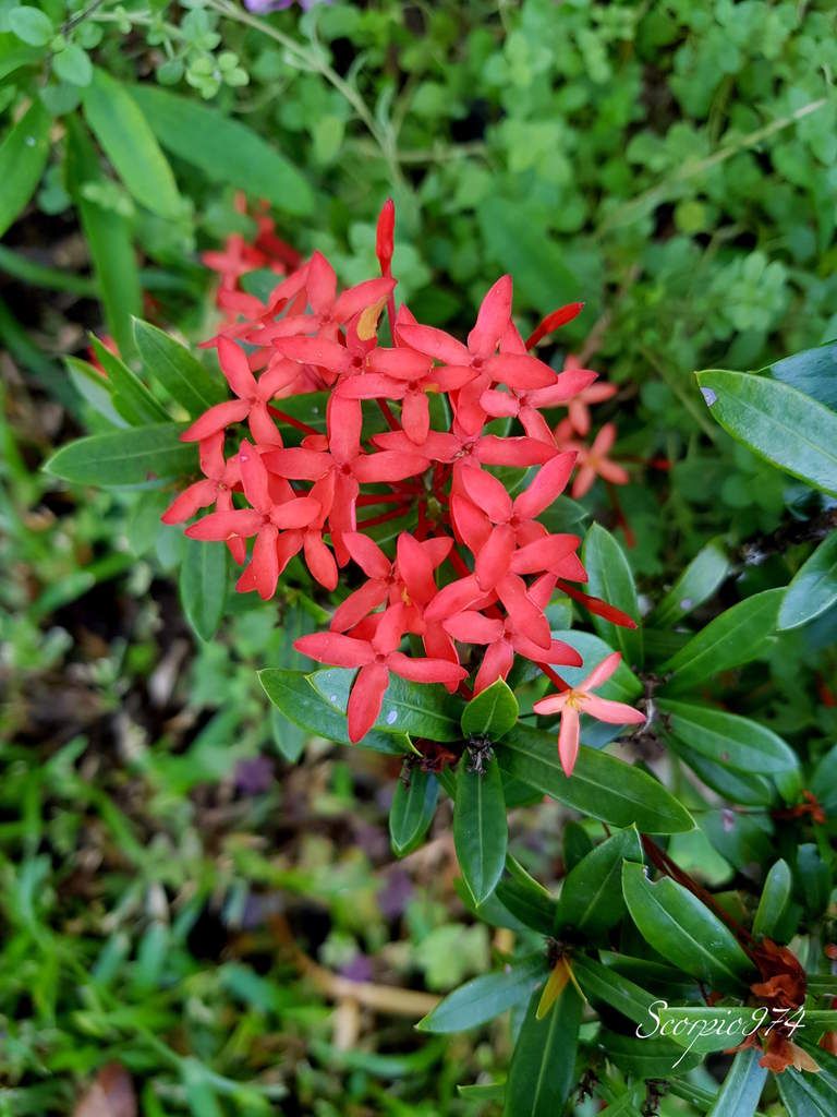 Nature, nature 974, nature Réunion, nature de la Réunion, nature à la Réunion, flore, flore 974, flore Réunion, flore de la Réunion, flore à la Réunion, flore introduite, flore introduite 974, flore introduite Réunion, flore introduite à la Réunion, flore introduite de la Réunion, flores introduites, flores introduites 974, flores introduites Réunion, flores introduites à la Réunion, flores introduites à la Réunion, fleur, fleur 974, fleur Réunion, fleur de la Réunion, fleur à la Réunion, fleur introduite, fleur introduite 974, fleur introduite Réunion, fleur introduite de la Réunion, fleur introduite à la Réunion, fleurs, fleurs 974, fleurs Réunion, fleurs de la Réunion, fleurs à la Réunion, fleur introduite, fleur introduite 974, fleur introduite Réunion, fleur introduite de la Réunion, fleur introduite à la Réunion, fleurs, fleurs 974, fleurs Réunion, fleurs de la Réunion, fleurs à la Réunion, fleurs introduites, fleurs introduites 974, fleurs introduites Réunion, fleurs introduites de la Réunion, fleur rouge, fleur rouge 974, fleur rouge Réunion, fleur rouge de la Réunion, fleur rouge à la Réunion, fleurs rouges, fleurs rouges 974, fleurs rouges Réunion, fleurs rouges de la Réunion, fleurs rouges à la Réunion, fleur rouge écarlate, fleur rouge écarlate 974, fleur rouge écarlate Réunion, fleur rouge écarlate de la Réunion, fleur rouge écarlate à la Réunion, fleurs rouges écarlates, fleurs rouges écarlates 974, fleurs rouges écarlates Réunion, fleurs rouges écarlates de la Réunion, fleurs rouges écarlates, à la Réunion, fleur rouge introduite, fleur rouge introduite 974, fleur rouge introduite Réunion, fleur rouge introduite de la Réunion, fleur rouge introduite à la Réunion, fleurs rouges introduites, fleurs rouges introduites 974, fleurs rouges introduites Réunion, fleurs rouges introduites de la Réunion, fleurs rouges introduites à la Réunion, fleur rouge écarlate introduite, fleur rouge écarlate introduite 974, fleur rouge écarlate introduite Réunion, fleur rouge écarlate introduite de la Réunion, fleur rouge écarlate introduite à la Réunion, fleurs rouges écarlates introduites, fleurs rouges écarlates introduites 974, fleurs rouges écarlates introduites Réunion, fleurs rouges écarlates introduites de la Réunion, fleurs rouges écarlates introduites à la Réunion, communs, communs Réunion, communs 974, communs de la Réunion, communs à la Réunion, commun, commun 974, commun Réunion, commun de la Réunion, commun à la Réunion, espèces florales introduites, espèces florales introduites 974, espèces florales introduites Réunion, espèces florales introduites de la Réunion, espèces florales introduites à la Réunion, espèce florale introduite, espèce florale introduite 974, espèce florale introduite Réunion, espèce florale introduite de la Réunion, espèce florale introduite à la Réunion, espèce ornementale à la Réunion, espèces ornementales, espèces ornementales 974, espèces ornementales Réunion, espèces ornementales de la Réunion, espèces ornementales à la Réunion, espèces florales ornementales, espèces florales ornementales Réunion, espèces florales ornementales de la Réunion, espèces florales ornementales à la Réunion, espèce florale ornementale, espèce florale ornementale 974, espèce florale ornementale Réunion, espèce florale ornementale de la Réunion, espèce florale ornementale à la Réunion, espèce florale cultivée à la Réunion, espèce florale cultivée, espèce florale cultivée 974, espèce florale cultivée Réunion, espèce florale cultivée de la Réunion, espèce florale cultivée à la Réunion, espèces florales cultivées, espèces florales cultivées 974, espèces florales cultivées Réunion, espèces florales cultivées de la Réunion, espèces florales cultivées à la Réunion,  arbuste espèce florale cultivée à la Réunion, arbuste espèce florale cultivée, arbuste espèce florale cultivée 974, arbuste espèce florale cultivée Réunion, arbuste espèce florale cultivée de la Réunion, arbuste espèce florale cultivée à la Réunion, arbustes espèces florales cultivées, arbustes espèces florales cultivées 974, arbustes espèces florales cultivées Réunion, arbustes espèces florales cultivées de la Réunion, arbustes espèces florales cultivées à la Réunion, arbuste cultivé à la Réunion, arbuste cultivé, arbuste cultivé 974, arbuste cultivé Réunion, arbuste cultivé de la Réunion, arbuste cultivé à la Réunion, arbustes cultivés, arbustes cultivés 974, arbustes cultivés Réunion, arbustes cultivés de la Réunion, arbustes cultivés à la Réunion, arbuste ornemental à la Réunion, arbuste ornemental, arbuste ornemental 974, arbuste ornemental Réunion, arbuste ornemental de la Réunion, arbuste ornemental à la Réunion, arbustes ornementaux, arbustes ornementaux 974, arbustes ornementaux Réunion, arbustes ornementaux de la Réunion, arbustes ornementaux à la Réunion, arbuste ornemental introduit à la Réunion, arbuste ornemental introduit, arbuste ornemental introduit 974, arbuste ornemental introduit Réunion, arbuste ornemental introduit de la Réunion, arbuste ornemental introduit à la Réunion, arbustes ornementaux introduits, arbustes ornementaux introduits 974, arbustes ornementaux introduits Réunion, arbustes ornementaux introduits de la Réunion, arbustes ornementaux introduits à la Réunion, espèces d'arbustes à fleurs rouges, espèces d'arbustes à fleurs rouges 974, espèces d'arbustes à fleurs rouges Réunion, espèces d'arbustes à fleurs rouges de la Réunion, espèces d'arbustes à fleurs rouges à la Réunion, espèce d'arbuste à fleurs rouges, espèce d'arbuste à fleurs rouges 974, espèce d'arbuste à fleurs rouges Réunion, espèce d'arbuste à fleurs rouges de la Réunion, espèce d'arbuste à fleurs rouges à la Réunion, arbuste, arbuste 974, arbuste Réunion, arbuste de la Réunion, arbuste à la Réunion, arbustes, arbustes 974, arbustes Réunion, arbustes de la Réunion, arbustes à la Réunion, espèce arbuste, espèce arbuste 974, espèce arbuste Réunion, espèce arbuste de la Réunion, espèce arbuste à la Réunion, espèces arbustes, espèces arbustes 974, espèces arbustes Réunion, espèces arbustes de la Réunion, espèces arbustes à la Réunion, flore magnifique, flore magnifique Réunion, flore magnifique de la Réunion, flore magnifique à la Réunion, espèces d'arbustes à fleurs rouges écarlates, espèces d'arbustes à fleurs rouges écarlates 974, espèces d'arbustes à fleurs rouges écarlates Réunion, espèces d'arbustes à fleurs rouges écarlates de la Réunion, espèces d'arbustes à fleurs rouges écarlates à la Réunion, arbuste à fleur rouge, arbuste à fleur rouge 974, arbuste à fleur rouge Réunion, arbuste à fleur rouge de la Réunion, arbuste à fleur rouge à la Réunion, flore rouges écarlates, flore rouges écarlates 974, flore rouges écarlates Réunion, flore rouges écarlates de la Réunion, flore rouges écarlates à la Réunion, fleur invasive, fleur invasive 974, fleur invasive Réunion, fleur invasive de la Réunion, fleur invasive à la Réunion, fleurs rouges écarlates, fleurs rouges écarlates Réunion, fleurs rouges écarlates de la Réunion, fleurs rouges écarlates à la Réunion, petite fleur, petite fleur 974, petite fleur Réunion, petite fleur de la Réunion, petite fleur à la Réunion, petite fleur introduite, petite fleur introduite 974, petite fleur introduite Réunion, petite fleur introduite de la Réunion, petite fleur introduite à la Réunion, petites fleurs, petites fleurs 974, petites fleurs Réunion, petites fleurs de la Réunion, petites fleurs à la Réunion, petite fleur introduite, petite fleur introduite 974, petite fleur introduite Réunion, petite fleur introduite de la Réunion, petite fleur introduite à la Réunion, petites fleurs, petites fleurs 974, petites fleurs Réunion, petites fleurs de la Réunion, petites fleurs à la Réunion, petites fleurs introduites, petites fleurs introduites 974, petites fleurs introduites Réunion, petites fleurs introduites de la Réunion, petite fleur rouge, petite fleur rouge 974, petite fleur rouge Réunion, petite fleur rouge de la Réunion, petite fleur rouge à la Réunion, petites fleurs rouges, petites fleurs rouges 974, petites fleurs rouges Réunion, petites fleurs rouges de la Réunion, petites fleurs rouges à la Réunion, petite fleur rouge pâle, petite fleur rouge pâle 974, petite fleur rouge pâle Réunion, petite fleur rouge pâle de la Réunion, petite fleur rouge pâle à la Réunion, petites fleurs rouges pâles, petites fleurs rouges pâles 974, petites fleurs rouges pâles Réunion, petites fleurs rouges pâles de la Réunion, petites fleurs rouges pâles, à la Réunion, petite fleur rouge introduite, petite fleur rouge introduite 974, petite fleur rouge introduite Réunion, petite fleur rouge introduite de la Réunion, petite fleur rouge introduite à la Réunion, petites fleurs rouges introduites, petites fleurs rouges introduites 974, petites fleurs rouges introduites Réunion, petites fleurs rouges introduites de la Réunion, petites fleurs rouges introduites à la Réunion, petite fleur rouge écarlate introduite, petite fleur rouge écarlate introduite 974, petite fleur rouge écarlate introduite Réunion, petite fleur rouge écarlate introduite de la Réunion, petite fleur rouge écarlate introduite à la Réunion, petites fleurs rouges écarlates introduites, petites fleurs rouges écarlates introduites 974, petites fleurs rouges écarlates introduites Réunion, petites fleurs rouges écarlates introduites de la Réunion, petites fleurs rouges écarlates introduites à la Réunion, Gentianales, Gentianales 974, Gentianales Réunion, Gentianales de la Réunion, Gentianales à la Réunion, Rubiaceae, Rubiaceae 974, Rubiaceae Réunion, Rubiaceae de la Réunion, Rubiaceae à la Réunion, Ixora, Ixora 974, Ixora Réunion, Ixora de la Réunion, Ixora à la Réunion, Ixora coccinea, Ixora coccinea 974, Ixora coccinea Réunion, Ixora coccinea de la Réunion, Ixora coccinea à la Réunion, Ixora coccinea L., Ixora coccinea L. 974, Ixora coccinea L. Réunion, Ixora coccinea L. de la Réunion, Ixora coccinea L. à la Réunion, Ixora coccinea L. 1810, Ixora coccinea L. 1810 974, Ixora coccinea L. 1810 Réunion, Ixora coccinea L. 1810 de la Réunion, Ixora coccinea L. 1810 à la Réunion, Ixora coccinea (L., 1810), Ixora coccinea (L., 1810) 974, Ixora coccinea (L., 1810) Réunion, Ixora coccinea (L., 1810) à la Réunion, Conyza, Conyza 974, Conyza Réunion, Conyza de la Réunion, Conyza à la Réunion, Conyza albida, Conyza albida 974, Conyza albida Réunion, Conyza albida de la Réunion, Conyza albida à la Réunion, Conyza albida Willd. ex Spreng., Conyza albida Willd. ex Spreng. 974, Conyza albida Willd. ex Spreng. Réunion, Conyza albida Willd. ex Spreng. de la Réunion, Conyza albida Willd. ex Spreng. à la Réunion, Conyza albida Willd. ex Spreng. 1753, Conyza albida Willd. ex Spreng. 1753 974, Conyza albida Willd. ex Spreng. 1753 Réunion, Conyza albida Willd. ex Spreng. 1753 de la Réunion, Conyza albida Willd. ex Spreng. 1753 à la Réunion, Conyza albida (Willd. ex Spreng., 1753), Conyza albida (Willd. ex Spreng., 1753) 974, Conyza albida (Willd. ex Spreng., 1753) Réunion, Conyza albida (Willd. ex Spreng., 1753) à la Réunion, Conyza albida (Willd. ex Spreng., 1753) de la Réunion, Ixora coccinea (L., 1753) de la Réunion, Ixora coccinea f. coccinea, Ixora coccinea f. coccinea 974, Ixora coccinea f. coccinea Réunion, Ixora coccinea f. coccinea de la Réunion, Ixora coccinea f. coccinea à la Réunion, Ixora coccinea f.lutea  (Hutch.) Fosberg & Sachet, Ixora coccinea f.lutea  (Hutch.) Fosberg & Sachet 974, Ixora coccinea f.lutea  (Hutch.) Fosberg & Sachet Réunion, Ixora coccinea f.lutea  (Hutch.) Fosberg & Sachet de la Réunion, Ixora coccinea f.lutea  (Hutch.) Fosberg & Sachet à la Réunion, Ixora coccinea f.lutea  (Hutch.) Fosberg & Sachet 1989, Ixora coccinea f.lutea  (Hutch.) Fosberg & Sachet 1989 974, Ixora coccinea f.lutea  (Hutch.) Fosberg & Sachet 1989 Réunion, Ixora coccinea f.lutea  (Hutch.) Fosberg & Sachet 1989 de la Réunion, Ixora coccinea f.lutea  (Hutch.) Fosberg & Sachet 1989 à la Réunion, Ixora coccinea f.lutea  ((Hutch.) Fosberg & Sachet, 1989), Ixora coccinea f.lutea  ((Hutch.) Fosberg & Sachet, 1989) 974, Ixora coccinea f.lutea  ((Hutch.) Fosberg & Sachet, 1989) Réunion, Ixora coccinea f.lutea  ((Hutch.) Fosberg & Sachet, 1989) à la Réunion, Ixora coccinea f.lutea  ((Hutch.) Fosberg & Sachet, 1989) de la Réunion, Ixora lutea, Ixora lutea 974, Ixora lutea Réunion, Ixora lutea de la Réunion, Ixora lutea à la Réunion, Ixora lutea Hutch., Ixora lutea Hutch. 974, Ixora lutea Hutch. Réunion, Ixora lutea Hutch. de la Réunion, Ixora lutea Hutch. à la Réunion, Ixora lutea Hutch. 1912, Ixora lutea Hutch. 1912 974, Ixora lutea Hutch. 1912 Réunion, Ixora lutea Hutch. 1912 de la Réunion, Ixora lutea Hutch. 1912 à la Réunion, Ixora lutea (Hutch., 1912), Ixora lutea (Hutch., 1912) 974, Ixora lutea (Hutch., 1912) Réunion, Ixora lutea (Hutch., 1912) à la Réunion, Ixora lutea (Hutch., 1912) de la Réunion, Hortensia du Japon, Hortensia du Japon 974, Hortensia du Japon Réunion, Hortensia du Japon de la Réunion, Hortensia du Japon à la Réunion,    Ixora bandhuca, Ixora bandhuca 974, Ixora bandhuca Réunion, Ixora bandhuca de la Réunion, Ixora bandhuca à la Réunion, Ixora bandhuca Roxb., Ixora bandhuca Roxb. 974, Ixora bandhuca Roxb. Réunion, Ixora bandhuca Roxb. de la Réunion, Ixora bandhuca Roxb. à la Réunion, Ixora eekhautii, Ixora eekhautii 974, Ixora eekhautii Réunion, Ixora eekhautii de la Réunion, Ixora eekhautii à la Réunion, Ixora eekhautii Gentil., Ixora eekhautii Gentil. 974, Ixora eekhautii Gentil. Réunion, Ixora eekhautii Gentil. à la Réunion, Ixora eekhautii Gentil. de la Réunion, Ixora fraseri Gentil., Ixora fraseri Gentil. 974, Ixora fraseri Gentil. Réunion, Ixora fraseri Gentil. de la Réunion, Ixora fraseri Gentil. à la Réunion, Ixora fraseri, Ixora fraseri 974, Ixora fraseri Réunion, Ixora fraseri de la Réunion, Ixora fraseri à la Réunion, Ixora grandiflora, Ixora grandiflora 974, Ixora grandiflora Réunion, Ixora grandiflora de la Réunion, Ixora grandiflora à la Réunion, Ixora grandiflora Ker Gawl., Ixora grandiflora Ker Gawl. 974, Ixora grandiflora Ker Gawl. Réunion, Ixora grandiflora Ker Gawl. à la Réunion, Ixora grandiflora Ker Gawl. de la Réunion, Ixora luthea, Ixora luthea 974, Ixora luthea Réunion, Ixora luthea de la Réunion, Ixora luthea à la Réunion, Ixora luthea Hutch., Ixora luthea Hutch. 974, Ixora luthea Hutch. Réunion, Ixora luthea Hutch. de la Réunion, Ixora luthea Hutch. à la Réunion, Ixora montana, Ixora montana 974, Ixora montana Réunion, Ixora montana de la Réunion, Ixora montana à la Réunion, Ixora montana Lour., Ixora montana Lour. 974, Ixora montana Lour. Réunion, Ixora montana Lour. à la Réunion, Ixora montana Lour. de la Réunion, Ixora morsei, Ixora morsei 974, Ixora morsei Réunion, Ixora morsei de la Réunion, Ixora morsei à la Réunion, Ixora morsei Gentil., Ixora morsei Gentil. 974, Ixora morsei Gentil. Réunion, Ixora morsei Gentil. de la Réunion, Ixora morsei Gentil. à la Réunion, Ixora obovata, Ixora obovata 974, Ixora obovata Réunion, Ixora obovata de la Réunion, Ixora obovata à la Réunion, Ixora obovata B.Heyne ex Roth., Ixora obovata B.Heyne ex Roth. 974, Ixora obovata B.Heyne ex Roth. Réunion, Ixora obovata B.Heyne ex Roth. à la Réunion, Ixora obovata B.Heyne ex Roth. de la Réunion, Pavetta, Pavetta 974, Pavetta Réunion, Pavetta de la Réunion, Pavetta à la Réunion, Ixora propinqua, Ixora propinqua 974, Ixora propinqua Réunion, Ixora propinqua de la Réunion, Ixora propinqua à la Réunion, Ixora propinqua R.Br. ec G.Don., Ixora propinqua R.Br. ec G.Don. 974, Ixora propinqua R.Br. ec G.Don. Réunion, Ixora propinqua R.Br. ec G.Don. de la Réunion, Ixora propinqua R.Br. ec G.Don. à la Réunion, Ixora purpurea, Ixora purpurea 974, Ixora purpurea Réunion, Ixora purpurea de la Réunion, Ixora purpurea à la Réunion, Ixora purpurea Fish. ex Loudon., Ixora purpurea Fish. ex Loudon. 974, Ixora purpurea Fish. ex Loudon. Réunion, Ixora purpurea Fish. ex Loudon. à la Réunion, Ixora purpurea Fish. ex Loudon. de la Réunion, Ixora thomeana, Ixora thomeana 974, Ixora thomeana Réunion, Ixora thomeana de la Réunion, Ixora thomeana à la Réunion, Ixora thomeana (K.Schum.) G.Taylor., Ixora thomeana (K.Schum.) G.Taylor. 974, Ixora thomeana (K.Schum.) G.Taylor. Réunion, Ixora thomeana (K.Schum.) G.Taylor. de la Réunion, Ixora thomeana (K.Schum.) G.Taylor. à la Réunion, Pavetta coccinea, Pavetta coccinea 974, Pavetta coccinea Réunion, Pavetta coccinea de la Réunion, Pavetta coccinea à la Réunion, Pavetta coccinea (L.) Blume, Pavetta coccinea (L.) Blume 974, Pavetta coccinea (L.) Blume Réunion, Pavetta coccinea (L.) Blume à la Réunion, Pavetta coccinea (L.) Blume de la Réunion, Pavetta bandhuca, Pavetta bandhuca 974, Pavetta bandhuca Réunion, Pavetta bandhuca de la Réunion, Pavetta bandhuca à la Réunion, Pavetta bandhuca Miq., Pavetta bandhuca Miq. 974, Pavetta bandhuca Miq. Réunion, Pavetta bandhuca Miq. de la Réunion, Pavetta bandhuca Miq. à la Réunion, Pavetta rubra, Pavetta rubra 974, Pavetta rubra Réunion, Pavetta rubra de la Réunion, Pavetta rubra à la Réunion, Pavetta rubra Norontha, Pavetta rubra Norontha 974, Pavetta rubra Norontha Réunion, Pavetta rubra Norontha à la Réunion, Pavetta rubra Norontha de la Réunion, Ixora écarlate, Ixora écarlate 974, Ixora écarlate Réunion, Ixora écarlate de la Réunion, Ixora écarlate à la Réunion,