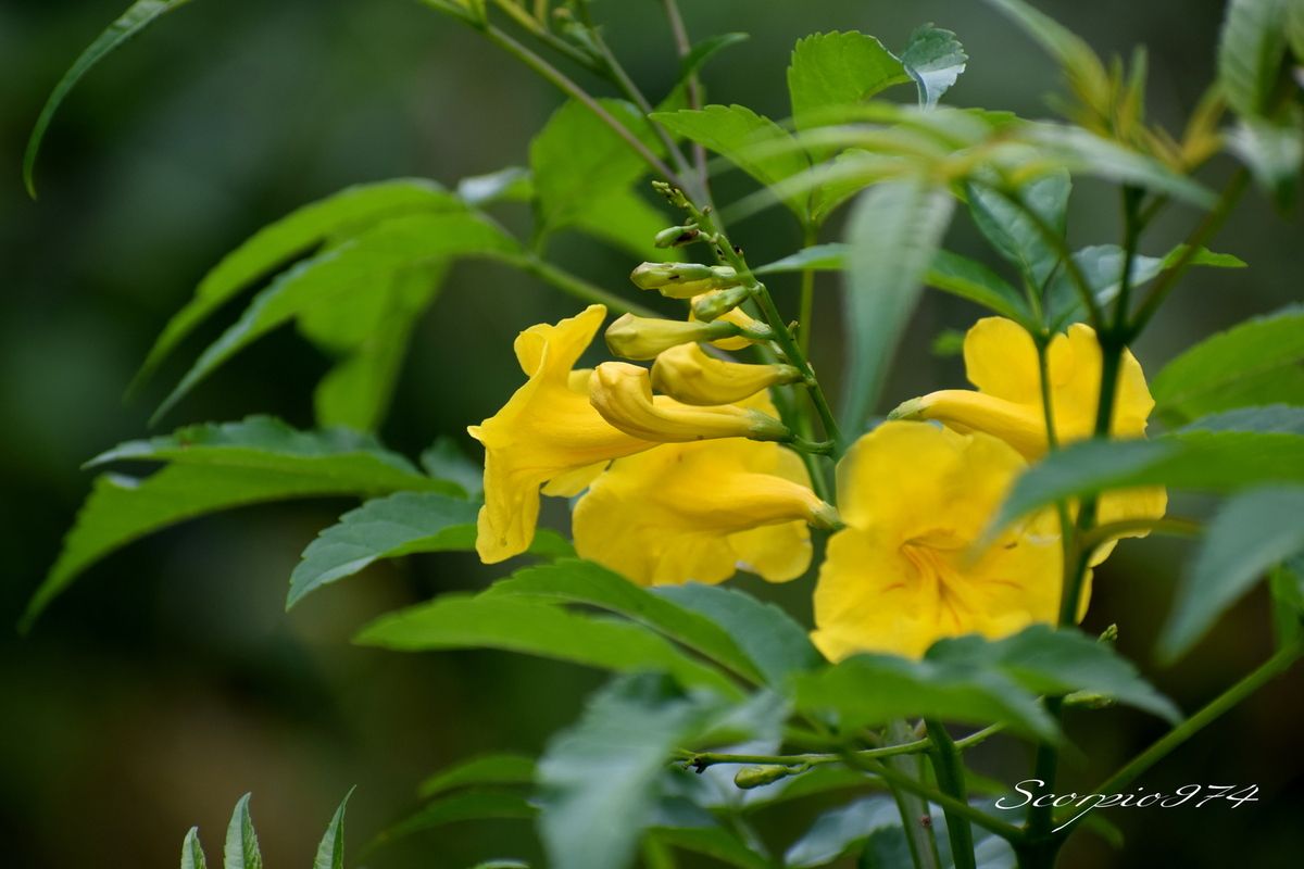Nature, nature 974, Nature Réunion, nature de la Réunion, nature à la Réunion, flore introduite, flore introduite 974, flore introduite Réunion, flore introduite à la Réunion, flore introduite de la Réunion, flores introduites, flores introduites 974, flores introduites Réunion, flores introduites à la Réunion, flores introduites à la Réunion, fleur, fleur 974, fleur Réunion, fleur de la Réunion, fleur à la Réunion, Akène, Akène 974, Akène Réunion, Akène de la Réunion, Akène à la Réunion, Akène jaune, Akène jaune 974, Akène jaune Réunion, Akène jaune de la Réunion, Akène à la Réunion, fleur introduite, fleur introduite 974, fleur introduite Réunion, fleur introduite de la Réunion, fleur introduite à la Réunion, fleurs, fleurs 974, fleurs Réunion, fleurs de la Réunion, fleurs à la Réunion, fleur introduite, fleur introduite 974, fleur introduite Réunion, fleur introduite de la Réunion, fleur introduite à la Réunion, fleurs, fleurs 974, fleurs Réunion, fleurs de la Réunion, fleurs à la Réunion, fleurs introduites, fleurs introduites 974, fleurs introduites Réunion, fleurs introduites de la Réunion, fleur jaune, fleur jaune 974, fleur jaune Réunion, fleur jaune de la Réunion, fleur jaune à la Réunion, fleurs jaunes, fleurs jaunes 974, fleurs jaunes Réunion, fleurs jaunes de la Réunion, fleurs jaunes à la Réunion, fleur jaune vif, fleur jaune vif 974, fleur jaune vif Réunion, fleur jaune vif de la Réunion, fleur jaune vif à la Réunion, fleurs jaunes vifs, fleurs jaunes vifs 974, fleurs jaunes vifs Réunion, fleurs jaunes vifs de la Réunion, fleurs jaunes vifs, à la Réunion, fleur jaune introduite, fleur jaune introduite 974, fleur jaune introduite Réunion, fleur jaune introduite de la Réunion, fleur jaune introduite à la Réunion, fleurs jaunes introduites, fleurs jaunes introduites 974, fleurs jaunes introduites Réunion, fleurs jaunes introduites de la Réunion, fleurs jaunes introduites à la Réunion, fleur jaune vif introduite, fleur jaune vif introduite 974, fleur jaune vif introduite Réunion, fleur jaune vif introduite de la Réunion, fleur jaune vif introduite à la Réunion, fleurs jaunes vifs introduites, fleurs jaunes vifs introduites 974, fleurs jaunes vifs introduites Réunion, fleurs jaunes vifs introduites de la Réunion, fleurs jaunes vifs introduites à la Réunion, petits arbres, petits arbres 974, petits arbres Réunion, petits arbres de la Réunion, petits arbres à la Réunion, petit arbre, petit arbre 974, petit arbre de la Réunion, petit arbre Réunion, petit arbre à la Réunion, arbuste, arbuste 974, arbuste Réunion, arbuste de la Réunion, arbuste à la Réunion, arbustes, arbustes 974, arbustes Réunion, arbustes de la Réunion, arbustes à la Réunion, petits arbres à fleur jaune, petits arbres à fleur jaune 974, petits arbres à fleur jaune Réunion, petits arbres à fleur jaune de la Réunion, petits arbres à fleur jaune à la Réunion, petit arbre à fleurs jaunes, petit arbre à fleurs jaunes 974, petit arbre à fleurs jaunes Réunion, petit arbre à fleurs jaunes de la Réunion, petit arbre à fleurs jaunes à la Réunion, arbuste à fleur jaune, arbuste à fleur jaune 974, arbuste à fleur jaune Réunion, arbuste à fleur jaune de la Réunion, arbuste à fleur jaune à la Réunion, arbustes à fleurs jaunes, arbustes à fleurs jaunes 974, arbustes à fleurs jaunes Réunion, arbustes à fleurs jaunes de la Réunion, arbustes à fleurs jaunes à la Réunion, petits arbres à fleur jaune vif, petits arbres à fleur jaune vif 974, petits arbres à fleur jaune vif Réunion, petits arbres à fleur jaune vif à la Réunion, petits arbres à fleur jaune vif de la Réunion, petit arbre à fleurs jaunes vifs, petit arbre à fleurs jaunes vifs 974, petit arbre à fleurs jaunes vifs Réunion, petit arbre à fleurs jaunes vifs de la Réunion, petit arbre à fleurs jaunes vifs à la Réunion, arbuste à fleur jaune vif, arbuste à fleur jaune vif 974, arbuste à fleur jaune vif Réunion, arbuste à fleur jaune vif de la Réunion, arbuste à fleur jaune vif à la Réunion, arbustes à fleurs jaunes, arbustes à fleurs jaunes 974, arbustes à fleurs jaunes Réunion, arbustes à fleurs jaunes de la Réunion, arbustes à fleurs jaunes à la Réunion, petits arbres introduite, petits arbres introduite 974, petits arbres introduite Réunion, petits arbres introduite de la Réunion, petits arbres introduite à la Réunion, petit arbre introduites, petit arbre introduites 974, petit arbre introduites Réunion, petit arbre introduites de la Réunion, petit arbre introduites à la Réunion, arbustes introduites, arbustes introduites 974, arbustes introduites Réunion, arbustes introduites à la Réunion, arbustes introduites de la Réunion, arbuste introduite, arbuste introduite 974, arbuste introduite Réunion, arbuste introduite de la Réunion, arbuste introduite à la Réunion, petits arbres à fleur introduite 974, petits arbres à fleur introduite Réunion, petits arbres à fleur introduite de la Réunion, petits arbres à fleur introduite à la Réunion, petit arbre à fleurs introduites, petit arbre à fleurs introduites 974, petit arbre à fleurs introduites Réunion, petit arbre à fleurs introduites de la Réunion, petit arbre à fleurs introduites à la Réunion, petits arbres à fleur jaune introduite 974, petits arbres à fleur jaune introduite Réunion, petits arbres à fleur jaune introduite de la Réunion, petits arbres à fleur jaune introduite à la Réunion, petit arbre à fleur jaunes jaunes introduites, petit arbre à fleur jaunes jaunes introduites 974, petit arbre à fleur jaunes jaunes introduites Réunion, petit arbre à fleur jaunes jaunes introduites de la Réunion, petit arbre à fleur jaunes jaunes introduites à la Réunion,petits arbres à fleur jaune vif introduite 974, petits arbres à fleur jaune vif introduite Réunion, petits arbres à fleur jaune vif introduite de la Réunion, petits arbres à fleur jaune vif introduite à la Réunion, petit arbre à fleur jaunes vifs introarbuste à fleur introduite 974, arbuste à fleur introduite Réunion, arbuste à fleur introduite de la Réunion, arbuste à fleur introduite à la Réunion, arbustes à fleurs introduites, arbustes à fleurs introduites 974, arbustes à fleurs introduites Réunion, arbustes à fleurs introduites de la Réunion, arbustes à fleurs introduites à la Réunion, petit arbre à fleur jaunes vifs introduites, petit arbre à fleur jaunes vifs introduites 974, petit arbre à fleur jaunes vifs introduites Réunion, petit arbre à fleur jaunes vifs introduites de la Réunion, petit arbre à fleur jaunes vifs introduites à la Réunion, arbuste à fleur jaune introduite 974, arbuste à fleur jaune introduite Réunion, arbuste à fleur jaune introduite de la Réunion, arbuste à fleur jaune introduite à la Réunion, arbustes à fleur jaunes jaunes introduites, arbustes à fleur jaunes jaunes introduites 974, arbustes à fleur jaunes jaunes introduites Réunion, arbustes à fleur jaunes jaunes introduites de la Réunion, arbustes à fleur jaunes jaunes introduites à la Réunion, introduite, introduite 974, introduite Réunion, introduite de la Réunion, introduite à la Réunion, introduites, introduites 974, introduites Réunion, introduites à la Réunion, introduites de la Réunion, espèce introduite, espèce introduite 974, espèce introduite Réunion, espèce introduite de la Réunion, espèce introduite à la Réunion, espèces introduites, espèces introduites à la Réunion, espèces introduites 974, espèces introduites Réunion, espèces introduites de la Réunion, fleur jaune commune, fleur jaune commune 974, fleur jaune commune Réunion, fleur jaune commune de la Réunion, fleur jaune commune à la Réunion, fleurs jaunes communes, fleurs jaunes communes 974, fleurs jaunes communes Réunion, fleurs jaunes communes de la Réunion, fleurs jaunes communes à la Réunion, espèces florales, espèces florales 974, Réunion, espèces florales de la Réunion, espèces florales à la Réunion, espèce florale, espèce florale 974, Réunion, espèce florale de la Réunion, espèce florale à la Réunion, arbuste à fleur jaune envahissante, arbuste à fleur jaune envahissante 974, arbuste à fleur jaune envahissante Réunion, arbuste à fleur jaune envahissante de la Réunion, arbuste à fleur jaune envahissante à la Réunion, arbustes à fleurs jaunes envahissantes, arbustes à fleurs jaunes envahissantes 974, arbustes à fleurs jaunes envahissantes Réunion, arbustes à fleurs jaunes envahissantes de la Réunion, arbustes à fleurs jaunes envahissantes à la Réunion, communs, communs Réunion, communs 974, communs de la Réunion, communs à la Réunion, commun, commun 974, commun Réunion, commun de la Réunion, commun à la Réunion, espèces florales introduites, espèces florales introduites 974, espèces florales introduites Réunion, espèces florales introduites de la Réunion, espèces florales introduites à la Réunion, espèce florale introduite, espèce florale introduite 974, espèce florale introduite Réunion, espèce florale introduite de la Réunion, espèce florale introduite à la Réunion, espèce invasive, espèce invasive 974, espèce invasive Réunion, espèce invasive de la Réunion, espèce invasive à la Réunion, espèces invasives, espèces invasives 974, espèces invasives Réunion, espèces invasives de la Réunion, espèces invasives à la Réunion, espèces florales invasives, espèces florales invasives Réunion, espèces florales invasives de la Réunion, espèces florales invasives à la Réunion, espèce florale invasive, espèce florale invasive 974, espèce florale invasive Réunion, espèce florale invasive de la Réunion, espèce florale invasive à la Réunion, espèces florales envahissantes troisième, espèces florales envahissantes troisième 974, espèces florales envahissantes troisième Réunion, espèces florales envahissantes troisième de la Réunion, espèces florales envahissantes troisième à la Réunion, espèce florale envahissante troisième, espèce florale envahissante troisième 974, espèce florale envahissante troisième Réunion, espèce florale envahissante troisième de la Réunion, espèce florale envahissante troisième à la Réunion, espèces florales envahissantes de moyen niveau, espèces florales envahissantes de moyen niveau 974, espèces florales envahissantes de moyen niveau Réunion, espèces florales envahissantes de moyen niveau de la Réunion, espèces florales envahissantes de moyen niveau à la Réunion, espèce florale envahissante de moyen niveau, espèce florale envahissante de moyen niveau 974, espèce florale envahissante de moyen niveau Réunion, espèce florale envahissante de moyen niveau de la Réunion, espèce florale envahissante de moyen niveau à la Réunion, espèces florales nuisibles de niveau 3 sur 3, espèces florales nuisibles de niveau 3 sur 3 974, espèces florales nuisibles de niveau 3 sur 3 Réunion, espèces florales nuisibles de niveau 3 sur 3 de la Réunion, espèces florales nuisibles de niveau 3 sur 3 à la Réunion, espèce florale envahissante de trois sur trois, espèce florale envahissante de trois sur trois 974, espèce florale envahissante de trois sur trois Réunion, espèce florale envahissante de trois sur trois de la Réunion, espèce florale envahissante de trois sur trois à la Réunion, espèce florale envahissante de niveau 3 sur 3, espèce florale envahissante de niveau 3 sur 3 974, espèce florale envahissante de niveau 3 sur 3 Réunion, espèce florale envahissante de niveau 3 sur 3 de la Réunion, espèce florale envahissante de niveau 3 sur 3 à la Réunion, espèces florales envahissantes de niveau 3 sur 3, espèces florales envahissantes de niveau 3 sur 3 974, espèces florales envahissantes de niveau 3 sur 3 Réunion, espèces florales envahissantes de niveau 3 sur 3 de la Réunion, espèces florales envahissantes de niveau 3 sur 3 à la Réunion, espèces envahissantes de moyen niveau, espèces envahissantes de moyen niveau 974, espèces envahissantes de moyen niveau Réunion, espèces envahissantes de moyen niveau de la Réunion, espèces envahissantes de moyen niveau à la Réunion, espèce envahissante de moyen niveau, espèce envahissante de moyen niveau 974, espèce envahissante de moyen niveau Réunion, espèce envahissante de moyen niveau de la Réunion, espèce envahissante de moyen niveau à la Réunion, espèces envahissantes de niveau 3, espèces envahissantes de niveau 3 974, espèces envahissantes de niveau 3 Réunion, espèces envahissantes de niveau 3 de la Réunion, espèces envahissantes de niveau 3 à la Réunion, espèce envahissante de niveau 3, espèce envahissante de niveau 3 974, espèce envahissante de niveau 3 Réunion, espèce envahissante de niveau 3 de la Réunion, espèce envahissante de niveau 3 à la Réunion, espèces envahissantes de trois sur trois, espèces envahissantes de trois sur trois 974, espèces envahissantes de trois sur trois Réunion, espèces envahissantes de trois sur trois de la Réunion, espèces envahissantes de trois sur trois à la Réunion, espèce envahissante de trois sur trois, espèce envahissante de trois sur trois 974, espèce envahissante de trois sur trois Réunion, espèce envahissante de trois sur trois de la Réunion, espèce envahissante de trois sur trois à la Réunion, espèces envahissantes de niveau 3 sur 3, espèces envahissantes de niveau 3 sur 3 974, espèces envahissantes de niveau 3 sur 3 Réunion, espèces envahissantes de niveau 3 sur 3 de la Réunion, espèces envahissantes de niveau 3 sur 3 à la Réunion, espèce envahissante de niveau 3 sur 3, espèce envahissante de niveau 3 sur 3 974, espèce envahissante de niveau 3 sur 3 Réunion, espèce envahissante de niveau 3 sur 3 de la Réunion, espèce envahissante de niveau 3 sur 3 à la Réunion, espèces de fleurs invasives, espèces de fleurs invasives 974, espèces de fleurs invasives Réunion, espèces de fleurs invasives de la Réunion, espèces de fleurs invasives à la Réunion, espèce de fleur invasive, espèce de fleur invasive 974, espèce de fleur invasive Réunion, espèce de fleur invasive de la Réunion, espèce de fleur invasive à la Réunion, nuisible, nuisible 974, nuisible Réunion, nuisible de la Réunion, nuisible à la Réunion, nuisibles, nuisibles 974, nuisibles Réunion, nuisibles de la Réunion, nuisibles à la Réunion, espèce nuisible, espèce nuisible 974, espèce nuisible Réunion, espèce nuisible de la Réunion, espèce nuisible à la Réunion, espèces nuisibles, espèces nuisibles 974, espèces nuisibles Réunion, espèces nuisibles de la Réunion, espèces nuisibles à la Réunion, flore magnifique, flore magnifique Réunion, flore magnifique de la Réunion, flore magnifique à la Réunion, espèces fleurs invasives, espèces fleurs invasives 974, espèces fleurs invasives Réunion, espèces fleurs invasives de la Réunion, espèces fleurs invasives à la Réunion, espèce fleur invasive, espèce fleur invasive 974, espèce fleur invasive Réunion, espèce fleur invasive de la Réunion, espèce fleur invasive à la Réunion, flore invasives, flore invasives 974, flore invasives Réunion, flore invasives de la Réunion, flore invasives à la Réunion, fleur invasive, fleur invasive 974, fleur invasive Réunion, fleur invasive de la Réunion, fleur invasive à la Réunion, fleurs invasives, fleurs invasives Réunion, fleurs invasives de la Réunion, fleurs invasives à la Réunion, petite fleur, petite fleur 974, petite fleur Réunion, petite fleur de la Réunion, petite fleur à la Réunion, petite fleur introduite, petite fleur introduite 974, petite fleur introduite Réunion, petite fleur introduite de la Réunion, petite fleur introduite à la Réunion, petites fleurs, petites fleurs 974, petites fleurs Réunion, petites fleurs de la Réunion, petites fleurs à la Réunion, petite fleur introduite, petite fleur introduite 974, petite fleur introduite Réunion, petite fleur introduite de la Réunion, petite fleur introduite à la Réunion, petites fleurs, petites fleurs 974, petites fleurs Réunion, petites fleurs de la Réunion, petites fleurs à la Réunion, petites fleurs introduites, petites fleurs introduites 974, petites fleurs introduites Réunion, petites fleurs introduites de la Réunion, petite fleur jaune, petite fleur jaune 974, petite fleur jaune Réunion, petite fleur jaune de la Réunion, petite fleur jaune à la Réunion, petites fleurs jaunes, petites fleurs jaunes 974, petites fleurs jaunes Réunion, petites fleurs jaunes de la Réunion, petites fleurs jaunes à la Réunion, petite fleur jaune vif, petite fleur jaune vif 974, petite fleur jaune vif Réunion, petite fleur jaune vif de la Réunion, petite fleur jaune vif à la Réunion, petites fleurs jaunes vifs, petites fleurs jaunes vifs 974, petites fleurs jaunes vifs Réunion, petites fleurs jaunes vifs de la Réunion, petites fleurs jaunes vifs, à la Réunion, petite fleur jaune introduite, petite fleur jaune introduite 974, petite fleur jaune introduite Réunion, petite fleur jaune introduite de la Réunion, petite fleur jaune introduite à la Réunion, petites fleurs jaunes introduites, petites fleurs jaunes introduites 974, petites fleurs jaunes introduites Réunion, petites fleurs jaunes introduites de la Réunion, petites fleurs jaunes introduites à la Réunion, petite fleur jaune vif introduite, petite fleur jaune vif introduite 974, petite fleur jaune vif introduite Réunion, petite fleur jaune vif introduite de la Réunion, petite fleur jaune vif introduite à la Réunion, petites fleurs jaunes vifs introduites, petites fleurs jaunes vifs introduites 974, petites fleurs jaunes vifs introduites Réunion, petites fleurs jaunes vifs introduites de la Réunion, petites fleurs jaunes vifs introduites à la Réunion, petits arbres à petite fleur jaune, petits arbres à petite fleur jaune 974, petits arbres à petite fleur jaune Réunion, petits arbres à petite fleur jaune de la Réunion, petits arbres à petite fleur jaune à la Réunion, petit arbre à petites fleurs jaunes, petit arbre à petites fleurs jaunes 974, petit arbre à petites fleurs jaunes Réunion, petit arbre à petites fleurs jaunes de la Réunion, petit arbre à petites fleurs jaunes à la Réunion, arbuste à petite fleur jaune, arbuste à petite fleur jaune 974, arbuste à petite fleur jaune Réunion, arbuste à petite fleur jaune de la Réunion, arbuste à petite fleur jaune à la Réunion, arbustes à petites fleurs jaunes, arbustes à petites fleurs jaunes 974, arbustes à petites fleurs jaunes Réunion, arbustes à petites fleurs jaunes de la Réunion, arbustes à petites fleurs jaunes à la Réunion, petits arbres à petite fleur jaune vif, petits arbres à petite fleur jaune vif 974, petits arbres à petite fleur jaune vif Réunion, petits arbres à petite fleur jaune vif à la Réunion, petits arbres à petite fleur jaune vif de la Réunion, petit arbre à petites fleurs jaunes vifs, petit arbre à petites fleurs jaunes vifs 974, petit arbre à petites fleurs jaunes vifs Réunion, petit arbre à petites fleurs jaunes vifs de la Réunion, petit arbre à petites fleurs jaunes vifs à la Réunion, arbuste à petite fleur jaune vif, arbuste à petite fleur jaune vif 974, arbuste à petite fleur jaune vif Réunion, arbuste à petite fleur jaune vif de la Réunion, arbuste à petite fleur jaune vif à la Réunion, arbustes à petites fleurs jaunes, arbustes à petites fleurs jaunes 974, arbustes à petites fleurs jaunes Réunion, arbustes à petites fleurs jaunes de la Réunion, arbustes à petites fleurs jaunes à la Réunion, petits arbres à petite fleur introduite 974, petits arbres à petite fleur introduite Réunion, petits arbres à petite fleur introduite de la Réunion, petits arbres à petite fleur introduite à la Réunion, petit arbre à petites fleurs introduites, petit arbre à petites fleurs introduites 974, petit arbre à petites fleurs introduites Réunion, petit arbre à petites fleurs introduites de la Réunion, petit arbre à petites fleurs introduites à la Réunion, petits arbres à petite fleur jaune introduite 974, petits arbres à petite fleur jaune introduite Réunion, petits arbres à petite fleur jaune introduite de la Réunion, petits arbres à petite fleur jaune introduite à la Réunion, petit arbre à petite fleur jaunes jaunes introduites, petit arbre à petite fleur jaunes jaunes introduites 974, petit arbre à petite fleur jaunes jaunes introduites Réunion, petit arbre à petite fleur jaunes jaunes introduites de la Réunion, petit arbre à petite fleur jaunes jaunes introduites à la Réunion,petits arbres à petite fleur jaune vif introduite 974, petits arbres à petite fleur jaune vif introduite Réunion, petits arbres à petite fleur jaune vif introduite de la Réunion, petits arbres à petite fleur jaune vif introduite à la Réunion, petit arbre à petite fleur jaune vifs, arbuste à petite fleur introduite 974, arbuste à petite fleur introduite Réunion, arbuste à petite fleur introduite de la Réunion, arbuste à petite fleur introduite à la Réunion, arbustes à petites fleurs introduites, arbustes à petites fleurs introduites 974, arbustes à petites fleurs introduites Réunion, arbustes à petites fleurs introduites de la Réunion, arbustes à petites fleurs introduites à la Réunion, petit arbre à petite fleur jaunes vifs introduites, petit arbre à petite fleur jaunes vifs introduites 974, petit arbre à petite fleur jaunes vifs introduites Réunion, petit arbre à petite fleur jaunes vifs introduites de la Réunion, petit arbre à petite fleur jaunes vifs introduites à la Réunion, arbuste à petite fleur jaune introduite 974, arbuste à petite fleur jaune introduite Réunion, arbuste à petite fleur jaune introduite de la Réunion, arbuste à petite fleur jaune introduite à la Réunion, arbustes à petite fleur jaunes jaunes introduites, arbustes à petite fleur jaunes jaunes introduites 974, arbustes à petite fleur jaunes jaunes introduites Réunion, arbustes à petite fleur jaunes jaunes introduites de la Réunion, arbustes à petite fleur jaunes jaunes introduites à la Réunion, petite fleur jaune commune, petite fleur jaune commune 974, petite fleur jaune commune Réunion, petite fleur jaune commune de la Réunion, petite fleur jaune commune à la Réunion, petites fleurs jaunes communes, petites fleurs jaunes communes 974, petites fleurs jaunes communes Réunion, petites fleurs jaunes communes de la Réunion, petites fleurs jaunes communes à la Réunion, arbuste à petite fleur jaune envahissante, arbuste à petite fleur jaune envahissante 974, arbuste à petite fleur jaune envahissante Réunion, arbuste à petite fleur jaune envahissante de la Réunion, arbuste à petite fleur jaune envahissante à la Réunion, arbustes à petites fleurs jaunes envahissantes, arbustes à petites fleurs jaunes envahissantes 974, arbustes à petites fleurs jaunes envahissantes Réunion, arbustes à petites fleurs jaunes envahissantes de la Réunion, arbustes à petites fleurs jaunes envahissantes à la Réunion, espèces de petites fleurs invasives, espèces de petites fleurs invasives 974, espèces de petites fleurs invasives Réunion, espèces de petites fleurs invasives de la Réunion, espèces de petites fleurs invasives à la Réunion, espèce de petite fleur invasive, espèce de petite fleur invasive 974, espèce de petite fleur invasive Réunion, espèce de petite fleur invasive de la Réunion, espèce de petite fleur invasive à la Réunion, espèces petites fleurs invasives, espèces petites fleurs invasives 974, espèces petites fleurs invasives Réunion, espèces petites fleurs invasives de la Réunion, espèces petites fleurs invasives à la Réunion, espèce petite fleur invasive, espèce petite fleur invasive 974, espèce petite fleur invasive Réunion, espèce petite fleur invasive de la Réunion, espèce petite fleur invasive à la Réunion, petite fleur invasive, petite fleur invasive 974, petite fleur invasive Réunion, petite fleur invasive de la Réunion, petite fleur invasive à la Réunion, petites fleurs invasives, petites fleurs invasives Réunion, petites fleurs invasives de la Réunion, petites fleurs invasives à la Réunion, ,  flore introduite, flore introduite 974, flore introduite Réunion, flore introduite à la Réunion, flore introduite de la Réunion, flores introduites, flores introduites 974, flores introduites Réunion, flores introduites à la Réunion, flores introduites à la Réunion, fleur, fleur 974, fleur Réunion, fleur de la Réunion, fleur à la Réunion, Akène, Akène 974, Akène Réunion, Akène de la Réunion, Akène à la Réunion, Akène jaune, Akène jaune 974, Akène jaune Réunion, Akène jaune de la Réunion, Akène à la Réunion, fleur introduite, fleur introduite 974, fleur introduite Réunion, fleur introduite de la Réunion, fleur introduite à la Réunion, fleurs, fleurs 974, fleurs Réunion, fleurs de la Réunion, fleurs à la Réunion, fleur introduite, fleur introduite 974, fleur introduite Réunion, fleur introduite de la Réunion, fleur introduite à la Réunion, fleurs, fleurs 974, fleurs Réunion, fleurs de la Réunion, fleurs à la Réunion, fleurs introduites, fleurs introduites 974, fleurs introduites Réunion, fleurs introduites de la Réunion, fleur jaune, fleur jaune 974, fleur jaune Réunion, fleur jaune de la Réunion, fleur jaune à la Réunion, fleurs jaunes, fleurs jaunes 974, fleurs jaunes Réunion, fleurs jaunes de la Réunion, fleurs jaunes à la Réunion, fleur jaune vif, fleur jaune vif 974, fleur jaune vif Réunion, fleur jaune vif de la Réunion, fleur jaune vif à la Réunion, fleurs jaunes vifs, fleurs jaunes vifs 974, fleurs jaunes vifs Réunion, fleurs jaunes vifs de la Réunion, fleurs jaunes vifs, à la Réunion, fleur jaune introduite, fleur jaune introduite 974, fleur jaune introduite Réunion, fleur jaune introduite de la Réunion, fleur jaune introduite à la Réunion, fleurs jaunes introduites, fleurs jaunes introduites 974, fleurs jaunes introduites Réunion, fleurs jaunes introduites de la Réunion, fleurs jaunes introduites à la Réunion, fleur jaune vif introduite, fleur jaune vif introduite 974, fleur jaune vif introduite Réunion, fleur jaune vif introduite de la Réunion, fleur jaune vif introduite à la Réunion, fleurs jaunes vifs introduites, fleurs jaunes vifs introduites 974, fleurs jaunes vifs introduites Réunion, fleurs jaunes vifs introduites de la Réunion, fleurs jaunes vifs introduites à la Réunion, petits arbres, petits arbres 974, petits arbres Réunion, petits arbres de la Réunion, petits arbres à la Réunion, petit arbre, petit arbre 974, petit arbre de la Réunion, petit arbre Réunion, petit arbre à la Réunion, arbuste, arbuste 974, arbuste Réunion, arbuste de la Réunion, arbuste à la Réunion, arbustes, arbustes 974, arbustes Réunion, arbustes de la Réunion, arbustes à la Réunion, petits arbres à fleur jaune, petits arbres à fleur jaune 974, petits arbres à fleur jaune Réunion, petits arbres à fleur jaune de la Réunion, petits arbres à fleur jaune à la Réunion, petit arbre à fleurs jaunes, petit arbre à fleurs jaunes 974, petit arbre à fleurs jaunes Réunion, petit arbre à fleurs jaunes de la Réunion, petit arbre à fleurs jaunes à la Réunion, arbuste à fleur jaune, arbuste à fleur jaune 974, arbuste à fleur jaune Réunion, arbuste à fleur jaune de la Réunion, arbuste à fleur jaune à la Réunion, arbustes à fleurs jaunes, arbustes à fleurs jaunes 974, arbustes à fleurs jaunes Réunion, arbustes à fleurs jaunes de la Réunion, arbustes à fleurs jaunes à la Réunion, petits arbres à fleur jaune vif, petits arbres à fleur jaune vif 974, petits arbres à fleur jaune vif Réunion, petits arbres à fleur jaune vif à la Réunion, petits arbres à fleur jaune vif de la Réunion, petit arbre à fleurs jaunes vifs, petit arbre à fleurs jaunes vifs 974, petit arbre à fleurs jaunes vifs Réunion, petit arbre à fleurs jaunes vifs de la Réunion, petit arbre à fleurs jaunes vifs à la Réunion, arbuste à fleur jaune vif, arbuste à fleur jaune vif 974, arbuste à fleur jaune vif Réunion, arbuste à fleur jaune vif de la Réunion, arbuste à fleur jaune vif à la Réunion, arbustes à fleurs jaunes, arbustes à fleurs jaunes 974, arbustes à fleurs jaunes Réunion, arbustes à fleurs jaunes de la Réunion, arbustes à fleurs jaunes à la Réunion, petits arbres introduite, petits arbres introduite 974, petits arbres introduite Réunion, petits arbres introduite de la Réunion, petits arbres introduite à la Réunion, petit arbre introduites, petit arbre introduites 974, petit arbre introduites Réunion, petit arbre introduites de la Réunion, petit arbre introduites à la Réunion, arbustes introduites, arbustes introduites 974, arbustes introduites Réunion, arbustes introduites à la Réunion, arbustes introduites de la Réunion, arbuste introduite, arbuste introduite 974, arbuste introduite Réunion, arbuste introduite de la Réunion, arbuste introduite à la Réunion, petits arbres à fleur introduite 974, petits arbres à fleur introduite Réunion, petits arbres à fleur introduite de la Réunion, petits arbres à fleur introduite à la Réunion, petit arbre à fleurs introduites, petit arbre à fleurs introduites 974, petit arbre à fleurs introduites Réunion, petit arbre à fleurs introduites de la Réunion, petit arbre à fleurs introduites à la Réunion, petits arbres à fleur jaune introduite 974, petits arbres à fleur jaune introduite Réunion, petits arbres à fleur jaune introduite de la Réunion, petits arbres à fleur jaune introduite à la Réunion, petit arbre à fleur jaunes jaunes introduites, petit arbre à fleur jaunes jaunes introduites 974, petit arbre à fleur jaunes jaunes introduites Réunion, petit arbre à fleur jaunes jaunes introduites de la Réunion, petit arbre à fleur jaunes jaunes introduites à la Réunion,petits arbres à fleur jaune vif introduite 974, petits arbres à fleur jaune vif introduite Réunion, petits arbres à fleur jaune vif introduite de la Réunion, petits arbres à fleur jaune vif introduite à la Réunion, petit arbre à fleur jaunes vifs introarbuste à fleur introduite 974, arbuste à fleur introduite Réunion, arbuste à fleur introduite de la Réunion, arbuste à fleur introduite à la Réunion, arbustes à fleurs introduites, arbustes à fleurs introduites 974, arbustes à fleurs introduites Réunion, arbustes à fleurs introduites de la Réunion, arbustes à fleurs introduites à la Réunion, petit arbre à fleur jaunes vifs introduites, petit arbre à fleur jaunes vifs introduites 974, petit arbre à fleur jaunes vifs introduites Réunion, petit arbre à fleur jaunes vifs introduites de la Réunion, petit arbre à fleur jaunes vifs introduites à la Réunion, arbuste à fleur jaune introduite 974, arbuste à fleur jaune introduite Réunion, arbuste à fleur jaune introduite de la Réunion, arbuste à fleur jaune introduite à la Réunion, arbustes à fleur jaunes jaunes introduites, arbustes à fleur jaunes jaunes introduites 974, arbustes à fleur jaunes jaunes introduites Réunion, arbustes à fleur jaunes jaunes introduites de la Réunion, arbustes à fleur jaunes jaunes introduites à la Réunion, introduite, introduite 974, introduite Réunion, introduite de la Réunion, introduite à la Réunion, introduites, introduites 974, introduites Réunion, introduites à la Réunion, introduites de la Réunion, espèce introduite, espèce introduite 974, espèce introduite Réunion, espèce introduite de la Réunion, espèce introduite à la Réunion, espèces introduites, espèces introduites à la Réunion, espèces introduites 974, espèces introduites Réunion, espèces introduites de la Réunion, fleur jaune commune, fleur jaune commune 974, fleur jaune commune Réunion, fleur jaune commune de la Réunion, fleur jaune commune à la Réunion, fleurs jaunes communes, fleurs jaunes communes 974, fleurs jaunes communes Réunion, fleurs jaunes communes de la Réunion, fleurs jaunes communes à la Réunion, espèces florales, espèces florales 974, Réunion, espèces florales de la Réunion, espèces florales à la Réunion, espèce florale, espèce florale 974, Réunion, espèce florale de la Réunion, espèce florale à la Réunion, arbuste à fleur jaune envahissante, arbuste à fleur jaune envahissante 974, arbuste à fleur jaune envahissante Réunion, arbuste à fleur jaune envahissante de la Réunion, arbuste à fleur jaune envahissante à la Réunion, arbustes à fleurs jaunes envahissantes, arbustes à fleurs jaunes envahissantes 974, arbustes à fleurs jaunes envahissantes Réunion, arbustes à fleurs jaunes envahissantes de la Réunion, arbustes à fleurs jaunes envahissantes à la Réunion, communs, communs Réunion, communs 974, communs de la Réunion, communs à la Réunion, commun, commun 974, commun Réunion, commun de la Réunion, commun à la Réunion, espèces florales introduites, espèces florales introduites 974, espèces florales introduites Réunion, espèces florales introduites de la Réunion, espèces florales introduites à la Réunion, espèce florale introduite, espèce florale introduite 974, espèce florale introduite Réunion, espèce florale introduite de la Réunion, espèce florale introduite à la Réunion, espèce invasive, espèce invasive 974, espèce invasive Réunion, espèce invasive de la Réunion, espèce invasive à la Réunion, espèces invasives, espèces invasives 974, espèces invasives Réunion, espèces invasives de la Réunion, espèces invasives à la Réunion, espèces florales invasives, espèces florales invasives Réunion, espèces florales invasives de la Réunion, espèces florales invasives à la Réunion, espèce florale invasive, espèce florale invasive 974, espèce florale invasive Réunion, espèce florale invasive de la Réunion, espèce florale invasive à la Réunion, espèces florales envahissantes cinqième, espèces florales envahissantes cinqième 974, espèces florales envahissantes cinqième Réunion, espèces florales envahissantes cinqième de la Réunion, espèces florales envahissantes cinqième à la Réunion, espèce florale envahissante cinqième, espèce florale envahissante cinqième 974, espèce florale envahissante cinqième Réunion, espèce florale envahissante cinqième de la Réunion, espèce florale envahissante cinqième à la Réunion, espèces florales envahissantes de moyen niveau, espèces florales envahissantes de moyen niveau 974, espèces florales envahissantes de moyen niveau Réunion, espèces florales envahissantes de moyen niveau de la Réunion, espèces florales envahissantes de moyen niveau à la Réunion, espèce florale envahissante de moyen niveau, espèce florale envahissante de moyen niveau 974, espèce florale envahissante de moyen niveau Réunion, espèce florale envahissante de moyen niveau de la Réunion, espèce florale envahissante de moyen niveau à la Réunion, espèces florales nuisibles de niveau 5 sur 5, espèces florales nuisibles de niveau 5 sur 5 974, espèces florales nuisibles de niveau 5 sur 5 Réunion, espèces florales nuisibles de niveau 5 sur 5 de la Réunion, espèces florales nuisibles de niveau 5 sur 5 à la Réunion, espèce florale envahissante de cinq sur cinq, espèce florale envahissante de cinq sur cinq 974, espèce florale envahissante de cinq sur cinq Réunion, espèce florale envahissante de cinq sur cinq de la Réunion, espèce florale envahissante de cinq sur cinq à la Réunion, espèce florale envahissante de niveau 5 sur 5, espèce florale envahissante de niveau 5 sur 5 974, espèce florale envahissante de niveau 5 sur 5 Réunion, espèce florale envahissante de niveau 5 sur 5 de la Réunion, espèce florale envahissante de niveau 5 sur 5 à la Réunion, espèces florales envahissantes de niveau 5 sur 5, espèces florales envahissantes de niveau 5 sur 5 974, espèces florales envahissantes de niveau 5 sur 5 Réunion, espèces florales envahissantes de niveau 5 sur 5 de la Réunion, espèces florales envahissantes de niveau 5 sur 5 à la Réunion, espèces envahissantes de moyen niveau, espèces envahissantes de moyen niveau 974, espèces envahissantes de moyen niveau Réunion, espèces envahissantes de moyen niveau de la Réunion, espèces envahissantes de moyen niveau à la Réunion, espèce envahissante de moyen niveau, espèce envahissante de moyen niveau 974, espèce envahissante de moyen niveau Réunion, espèce envahissante de moyen niveau de la Réunion, espèce envahissante de moyen niveau à la Réunion, espèces envahissantes de niveau 5, espèces envahissantes de niveau 5 974, espèces envahissantes de niveau 5 Réunion, espèces envahissantes de niveau 5 de la Réunion, espèces envahissantes de niveau 5 à la Réunion, espèce envahissante de niveau 5, espèce envahissante de niveau 5 974, espèce envahissante de niveau 5 Réunion, espèce envahissante de niveau 5 de la Réunion, espèce envahissante de niveau 5 à la Réunion, espèces envahissantes de cinq sur cinq, espèces envahissantes de cinq sur cinq 974, espèces envahissantes de cinq sur cinq Réunion, espèces envahissantes de cinq sur cinq de la Réunion, espèces envahissantes de cinq sur cinq à la Réunion, espèce envahissante de cinq sur cinq, espèce envahissante de cinq sur cinq 974, espèce envahissante de cinq sur cinq Réunion, espèce envahissante de cinq sur cinq de la Réunion, espèce envahissante de cinq sur cinq à la Réunion, espèces envahissantes de niveau 5 sur 5, espèces envahissantes de niveau 5 sur 5 974, espèces envahissantes de niveau 5 sur 5 Réunion, espèces envahissantes de niveau 5 sur 5 de la Réunion, espèces envahissantes de niveau 5 sur 5 à la Réunion, espèce envahissante de niveau 5 sur 5, espèce envahissante de niveau 5 sur 5 974, espèce envahissante de niveau 5 sur 5 Réunion, espèce envahissante de niveau 5 sur 5 de la Réunion, espèce envahissante de niveau 5 sur 5 à la Réunion, espèces de fleurs invasives, espèces de fleurs invasives 974, espèces de fleurs invasives Réunion, espèces de fleurs invasives de la Réunion, espèces de fleurs invasives à la Réunion, espèce de fleur invasive, espèce de fleur invasive 974, espèce de fleur invasive Réunion, espèce de fleur invasive de la Réunion, espèce de fleur invasive à la Réunion, nuisible, nuisible 974, nuisible Réunion, nuisible de la Réunion, nuisible à la Réunion, nuisibles, nuisibles 974, nuisibles Réunion, nuisibles de la Réunion, nuisibles à la Réunion, espèce nuisible, espèce nuisible 974, espèce nuisible Réunion, espèce nuisible de la Réunion, espèce nuisible à la Réunion, espèces nuisibles, espèces nuisibles 974, espèces nuisibles Réunion, espèces nuisibles de la Réunion, espèces nuisibles à la Réunion, flore magnifique, flore magnifique Réunion, flore magnifique de la Réunion, flore magnifique à la Réunion, espèces fleurs invasives, espèces fleurs invasives 974, espèces fleurs invasives Réunion, espèces fleurs invasives de la Réunion, espèces fleurs invasives à la Réunion, espèce fleur invasive, espèce fleur invasive 974, espèce fleur invasive Réunion, espèce fleur invasive de la Réunion, espèce fleur invasive à la Réunion, flore invasives, flore invasives 974, flore invasives Réunion, flore invasives de la Réunion, flore invasives à la Réunion, fleur invasive, fleur invasive 974, fleur invasive Réunion, fleur invasive de la Réunion, fleur invasive à la Réunion, fleurs invasives, fleurs invasives Réunion, fleurs invasives de la Réunion, fleurs invasives à la Réunion, petite fleur, petite fleur 974, petite fleur Réunion, petite fleur de la Réunion, petite fleur à la Réunion, petite fleur introduite, petite fleur introduite 974, petite fleur introduite Réunion, petite fleur introduite de la Réunion, petite fleur introduite à la Réunion, petites fleurs, petites fleurs 974, petites fleurs Réunion, petites fleurs de la Réunion, petites fleurs à la Réunion, petite fleur introduite, petite fleur introduite 974, petite fleur introduite Réunion, petite fleur introduite de la Réunion, petite fleur introduite à la Réunion, petites fleurs, petites fleurs 974, petites fleurs Réunion, petites fleurs de la Réunion, petites fleurs à la Réunion, petites fleurs introduites, petites fleurs introduites 974, petites fleurs introduites Réunion, petites fleurs introduites de la Réunion, petite fleur jaune, petite fleur jaune 974, petite fleur jaune Réunion, petite fleur jaune de la Réunion, petite fleur jaune à la Réunion, petites fleurs jaunes, petites fleurs jaunes 974, petites fleurs jaunes Réunion, petites fleurs jaunes de la Réunion, petites fleurs jaunes à la Réunion, petite fleur jaune vif, petite fleur jaune vif 974, petite fleur jaune vif Réunion, petite fleur jaune vif de la Réunion, petite fleur jaune vif à la Réunion, petites fleurs jaunes vifs, petites fleurs jaunes vifs 974, petites fleurs jaunes vifs Réunion, petites fleurs jaunes vifs de la Réunion, petites fleurs jaunes vifs, à la Réunion, petite fleur jaune introduite, petite fleur jaune introduite 974, petite fleur jaune introduite Réunion, petite fleur jaune introduite de la Réunion, petite fleur jaune introduite à la Réunion, petites fleurs jaunes introduites, petites fleurs jaunes introduites 974, petites fleurs jaunes introduites Réunion, petites fleurs jaunes introduites de la Réunion, petites fleurs jaunes introduites à la Réunion, petite fleur jaune vif introduite, petite fleur jaune vif introduite 974, petite fleur jaune vif introduite Réunion, petite fleur jaune vif introduite de la Réunion, petite fleur jaune vif introduite à la Réunion, petites fleurs jaunes vifs introduites, petites fleurs jaunes vifs introduites 974, petites fleurs jaunes vifs introduites Réunion, petites fleurs jaunes vifs introduites de la Réunion, petites fleurs jaunes vifs introduites à la Réunion, petits arbres à petite fleur jaune, petits arbres à petite fleur jaune 974, petits arbres à petite fleur jaune Réunion, petits arbres à petite fleur jaune de la Réunion, petits arbres à petite fleur jaune à la Réunion, petit arbre à petites fleurs jaunes, petit arbre à petites fleurs jaunes 974, petit arbre à petites fleurs jaunes Réunion, petit arbre à petites fleurs jaunes de la Réunion, petit arbre à petites fleurs jaunes à la Réunion, arbuste à petite fleur jaune, arbuste à petite fleur jaune 974, arbuste à petite fleur jaune Réunion, arbuste à petite fleur jaune de la Réunion, arbuste à petite fleur jaune à la Réunion, arbustes à petites fleurs jaunes, arbustes à petites fleurs jaunes 974, arbustes à petites fleurs jaunes Réunion, arbustes à petites fleurs jaunes de la Réunion, arbustes à petites fleurs jaunes à la Réunion, petits arbres à petite fleur jaune vif, petits arbres à petite fleur jaune vif 974, petits arbres à petite fleur jaune vif Réunion, petits arbres à petite fleur jaune vif à la Réunion, petits arbres à petite fleur jaune vif de la Réunion, petit arbre à petites fleurs jaunes vifs, petit arbre à petites fleurs jaunes vifs 974, petit arbre à petites fleurs jaunes vifs Réunion, petit arbre à petites fleurs jaunes vifs de la Réunion, petit arbre à petites fleurs jaunes vifs à la Réunion, arbuste à petite fleur jaune vif, arbuste à petite fleur jaune vif 974, arbuste à petite fleur jaune vif Réunion, arbuste à petite fleur jaune vif de la Réunion, arbuste à petite fleur jaune vif à la Réunion, arbustes à petites fleurs jaunes, arbustes à petites fleurs jaunes 974, arbustes à petites fleurs jaunes Réunion, arbustes à petites fleurs jaunes de la Réunion, arbustes à petites fleurs jaunes à la Réunion, petits arbres à petite fleur introduite 974, petits arbres à petite fleur introduite Réunion, petits arbres à petite fleur introduite de la Réunion, petits arbres à petite fleur introduite à la Réunion, petit arbre à petites fleurs introduites, petit arbre à petites fleurs introduites 974, petit arbre à petites fleurs introduites Réunion, petit arbre à petites fleurs introduites de la Réunion, petit arbre à petites fleurs introduites à la Réunion, petits arbres à petite fleur jaune introduite 974, petits arbres à petite fleur jaune introduite Réunion, petits arbres à petite fleur jaune introduite de la Réunion, petits arbres à petite fleur jaune introduite à la Réunion, petit arbre à petite fleur jaunes jaunes introduites, petit arbre à petite fleur jaunes jaunes introduites 974, petit arbre à petite fleur jaunes jaunes introduites Réunion, petit arbre à petite fleur jaunes jaunes introduites de la Réunion, petit arbre à petite fleur jaunes jaunes introduites à la Réunion,petits arbres à petite fleur jaune vif introduite 974, petits arbres à petite fleur jaune vif introduite Réunion, petits arbres à petite fleur jaune vif introduite de la Réunion, petits arbres à petite fleur jaune vif introduite à la Réunion, petit arbre à petite fleur jaune vifs, arbuste à petite fleur introduite 974, arbuste à petite fleur introduite Réunion, arbuste à petite fleur introduite de la Réunion, arbuste à petite fleur introduite à la Réunion, arbustes à petites fleurs introduites, arbustes à petites fleurs introduites 974, arbustes à petites fleurs introduites Réunion, arbustes à petites fleurs introduites de la Réunion, arbustes à petites fleurs introduites à la Réunion, petit arbre à petite fleur jaunes vifs introduites, petit arbre à petite fleur jaunes vifs introduites 974, petit arbre à petite fleur jaunes vifs introduites Réunion, petit arbre à petite fleur jaunes vifs introduites de la Réunion, petit arbre à petite fleur jaunes vifs introduites à la Réunion, arbuste à petite fleur jaune introduite 974, arbuste à petite fleur jaune introduite Réunion, arbuste à petite fleur jaune introduite de la Réunion, arbuste à petite fleur jaune introduite à la Réunion, arbustes à petite fleur jaunes jaunes introduites, arbustes à petite fleur jaunes jaunes introduites 974, arbustes à petite fleur jaunes jaunes introduites Réunion, arbustes à petite fleur jaunes jaunes introduites de la Réunion, arbustes à petite fleur jaunes jaunes introduites à la Réunion, petite fleur jaune commune, petite fleur jaune commune 974, petite fleur jaune commune Réunion, petite fleur jaune commune de la Réunion, petite fleur jaune commune à la Réunion, petites fleurs jaunes communes, petites fleurs jaunes communes 974, petites fleurs jaunes communes Réunion, petites fleurs jaunes communes de la Réunion, petites fleurs jaunes communes à la Réunion, arbuste à petite fleur jaune envahissante, arbuste à petite fleur jaune envahissante 974, arbuste à petite fleur jaune envahissante Réunion, arbuste à petite fleur jaune envahissante de la Réunion, arbuste à petite fleur jaune envahissante à la Réunion, arbustes à petites fleurs jaunes envahissantes, arbustes à petites fleurs jaunes envahissantes 974, arbustes à petites fleurs jaunes envahissantes Réunion, arbustes à petites fleurs jaunes envahissantes de la Réunion, arbustes à petites fleurs jaunes envahissantes à la Réunion, espèces de petites fleurs invasives, espèces de petites fleurs invasives 974, espèces de petites fleurs invasives Réunion, espèces de petites fleurs invasives de la Réunion, espèces de petites fleurs invasives à la Réunion, espèce de petite fleur invasive, espèce de petite fleur invasive 974, espèce de petite fleur invasive Réunion, espèce de petite fleur invasive de la Réunion, espèce de petite fleur invasive à la Réunion, espèces petites fleurs invasives, espèces petites fleurs invasives 974, espèces petites fleurs invasives Réunion, espèces petites fleurs invasives de la Réunion, espèces petites fleurs invasives à la Réunion, espèce petite fleur invasive, espèce petite fleur invasive 974, espèce petite fleur invasive Réunion, espèce petite fleur invasive de la Réunion, espèce petite fleur invasive à la Réunion, petite fleur invasive, petite fleur invasive 974, petite fleur invasive Réunion, petite fleur invasive de la Réunion, petite fleur invasive à la Réunion, petites fleurs invasives, petites fleurs invasives Réunion, petites fleurs invasives de la Réunion, petites fleurs invasives à la Réunion, espèce envahissante, espèce envahissante 974, espèce envahissante Réunion, espèce envahissante de la Réunion, espèce envahissante à la Réunion, envahissante, envahissante 974, envahissante Réunion, envahissante de la Réunion, envahissante à la Réunion, espèce introduite, espèce introduite 974, espèce introduite Réunion, espèce introduite à la Réunion, espèce introduite de la Réunion, introduite, introduite 974, introduite Réunion, introduite de la Réunion, introduite à la Réunion, plantes invasives, plantes invasives 974, plantes invasives Réunion, plantes invasives de la Réunion, plantes invasives à la Réunion, espèce invasive, espèce invasive, espèce invasive 974, espèce invasive Réunion, espèce invasive de la Réunion, espèce invasive à la Réunion, Trompette d’or, Trompette d’or 974, Trompette d’or Réunion, Trompette d’or de la Réunion, Trompette d’or à la Réunion, Bois pissenlit, Bois pissenlit 974, Bois pissenlit de la Réunion, Bois pissenlit à la Réunion, Bois pissenlit à capsules brunes, Bois pissenlit à capsules brunes 974, Bois pissenlit à capsules brunes Réunion, Bois pissenlit à capsules brunes de la Réunion, Bois pissenlit à capsules brunes à la Réunion,   Bois pissenlit brune, Bois pissenlit brune 974, Bois pissenlit Réunion, Bois pissenlit brune de la Réunion, Bois pissenlit brune à la Réunion, Bois Caraïbe, Bois Caraïbe 974, Bois Caraïbe Réunion, Bois Caraïbe de la Réunion, Bois Caraïbe à la Réunion,  Bignonia jaune, Bignonia jaune 974, Bignonia jaune Réunion, Bignonia jaune de la Réunion, Bignonia jaune à la Réunion, Tecoma stans (L.), Tecoma stans (L.) 974, Tecoma stans (L.) Réunion, Tecoma stans (L.) de la Réunion, Tecoma stans (L.) à la Réunion, Tecoma stans (L.) Juss. ex, Tecoma stans (L.) Juss. ex 974, Tecoma stans (L.) Juss. ex Réunion, Tecoma stans (L.) Juss. ex de la Réunion, Tecoma stans (L.) Juss. ex à la Réunion, Tecoma stans (L.) Juss. ex Kunth, Tecoma stans (L.) Juss. ex Kunth 974, Tecoma stans (L.) Juss. ex Kunth Réunion, Tecoma stans (L.) Juss. ex Kunth de la Raunion, Tecoma stans (L.) Juss. ex Kunth à la Réunion, Bignonia stans L., Bignonia stans L. 974, Bignonia stans L. Réunion, Bignonia stans L. de la Réunion, Bignonia stans L. e la Réunion, Dolichos cuneifolius Forssk, Dolichos cuneifolius Forssk 974, Dolichos cuneifolius Forssk Réunion, Dolichos cuneifolius Forssk de la Réunion, Dolichos cuneifolius Forssk à la Réunion, Tecoma stans var. apiifolia Hort. ex DC, Tecoma stans var. apiifolia Hort. ex DC 974, Tecoma stans var. apiifolia Hort. ex DC Réunion, Tecoma stans var. apiifolia Hort. ex DC de la Réunion, Tecoma stans var. apiifolia Hort. ex DC à la Réunion, Lamiales, Lamiales 974, Lamiales Réunion, Lamiales de la Réunion, Lamiales à la Réunion, Bignoniaceae, Bignoniaceae 974, Bignoniaceae Réunion, Bignoniaceae de la Réunion, Bignoniaceae à la Réunion, Faboideae, Faboideae 974, Faboideae Réunion, Faboideae de la Réunion, Faboideae à la Réunion, Tecomeae, Tecomeae 974, Tecomeae Réunion, Tecomeae de la Réunion, Tecomeae à la Réunion, Tecoma, Tecoma 974, Tecoma Réunion, Tecoma de la Réunion, Tecoma à la Réunion, Pïti, Pïti 974, Pïti Réunion, Pïti de la Réunion, Pïti à la Réunion, Kohai, Kohai 974, Kohai Réunion, Kohai de la Réunion, Kohai à la Réunion, Bois à enivrer, Bois à enivrer 974, Bois à enivrer de la Réunion, Bois à enivrer Réunion, Bois à enivrer à la Réunion, Tecoma stans (L.) Juss. ex Kunth 1819, Tecoma stans (L.) Juss. ex Kunth 1819 Réunion, Tecoma stans (L.) Juss. ex Kunth 1819 de la Réunion, Tecoma stans (L.) Juss. ex Kunth 1819 à la Réunion, Tecoma stans ((L.) Juss. ex Kunth 1819), Tecoma stans ((L.) Juss. ex Kunth 1819) 974, Tecoma stans ((L.) Juss. ex Kunth 1819) Réunion, Tecoma stans ((L.) Juss. ex Kunth 1819) de la Réunion, Tecoma stans ((L.) Juss. ex Kunth 1819) à la Réunion, Stenolobium stans, Stenolobium stans 974, Stenolobium stans Réunion, Stenolobium stans de la Réunion, Stenolobium stans à la Réunion, Stenolobium stans (L.), Stenolobium stans (L.) 974, Stenolobium stans (L.) Réunion, Stenolobium stans (L.) de la Réunion, Stenolobium stans (L.) de la Réunion, Stenolobium stans (L.) Seem., Stenolobium stans (L.) Seem.974, Stenolobium stans (L.) Seem. Réunion, Stenolobium stans (L.) Seem. de la Réunion, Stenolobium stans (L.) Seem. à la Réunion, Stenolobium stans (L.) (Seem., 1865), Stenolobium stans (L.) (Seem., 1865) 974, Stenolobium stans (L.) (Seem., 1865) Réunion, Stenolobium stans (L.) (Seem., 1865) de la Réunion, Stenolobium stans (L.) (Seem., 1865) à la Réunion, Stenolobium stans (L.) Seem. 1865, Stenolobium stans (L.) Seem. 1865 Réunion, Stenolobium stans (L.) Seem. 1865 de al Réunion, Stenolobium stans (L.) Seem. 1865 à la Réunion,Bignonia stans L. 1765, Bignonia stans L. 1765 974, Bignonia stans L. 1765 Réunion, Bignonia stans L. 1765 de la Réunion, Bignonia stans L. 1765 à la Réunion, Bignonia stans (L. 1765), Bignonia stans (L. 1765) 974, Bignonia stans (L. 1765) Réunion, Bignonia stans (L. 1765) de la Réunion, Bignonia stans (L. 1765) à la Réunion, Bignonia stans, Bignonia stans 974, Bignonia stans Réunion, Bignonia stans de la Réunion, Bignonia stans à la Réunion, Tecoma stans var. apiifolia Hort. ex DC. 1790, Tecoma stans var. apiifolia (Lour., 1790), Tecoma stans var. apiifolia Hort. ex DC. 1845Réunion, Tecoma stans var. apiifolia Hort. ex DC. 1845de la Réunion, Tecoma stans var. apiifolia Hort. ex DC. 1845à la Réunion, Tecoma stans var. apiifolia (Hort. ex DC., 1845)974, Tecoma stans var. apiifolia (Hort. ex DC., 1845)Réunion, Tecoma stans var. apiifolia (Hort. ex DC., 1845)de la réunion, Tecoma stans var. apiifolia (Hort. ex DC., 1845)à la Réunion, Tecoma stans var. apiifolia 974, Tecoma stans var. apiifolia Réunion, Tecoma stans var. apiifolia de la Réunion, Tecoma stans var. apiifolia à la Réunion, Hatutu, Matu One, Motuiti, Nuku Hiva, Ua Huka et Ua Pou, Trumpet bush, Yellow bells, Yellow elder, Bignonia stans L., Stenolobium stans (L.) Seem., Stenolobium tronadora Loes., Tecoma incisa (Rose & Standl.) IMJohnst., Tecoma tronadora (Loes.) IMJohnst., Tecoma velutina Lindl., Arbre, arbre 974, arbre Réunion, arbre de la Réunion, arbre à la Réunion, envahissante, envahissante 974, envahissante Réunion, envahissante de la Réunion, envahissante à la Réunion,  envahissantes, envahissantes 974, envahissantes Réunion, envahissantes de la Réunion, envahissantes à la Réunion, espèce envahissante, espèce envahissante 974, espèce envahissante Réunion, espèce envahissante de la Réunion, espèce envahissante à la Réunion, espèces envahissantes, espèces envahissantes 974, espèces envahissantes Réunion, espèces envahissantes de la Réunion, espèces envahissantes à la Réunion, espèce envahissante de niveau 5, espèce envahissante de niveau 5 974, espèce envahissante de niveau 5 Réunion, espèce envahissante de niveau 5 à la Réunion, espèce envahissante de niveau 5 de la Réunion, espèces envahissantes de niveau 5, espèces envahissantes de niveau 5 974, espèces envahissantes de niveau 5 Réunion, espèces envahissantes de niveau 5 à la Réunion, de la Réunion, espèces envahissantes de niveau cinq, espèces envahissantes de niveau cinq 974, espèces envahissantes de niveau cinq Réunion, espèces envahissantes de niveau cinq à la Réunion, espèces envahissantes de niveau cinq de la Réunion, espèces envahissantes niveau cinq, espèces envahissantes niveau cinq 974, espèces envahissantes niveau cinq Réunion, espèces envahissantes niveau cinq de la Réunion, espèces envahissantes niveau cinq à la Réunion, espèce envahissante niveau 5, espèce envahissante niveau 5 974, espèce envahissante niveau 5 Réunion, espèce envahissante niveau 5 de la Réunion, espèce envahissante niveau 5 à la Réunion, espèce envahissante de niveau 5 sur 5, espèce envahissante de niveau 5 sur 5 974, espèce envahissante de niveau 5 sur 5 Réunion, espèce envahissante de niveau 5 sur 5 de la Réunion, espèce envahissante de niveau 5 sur 5 à la Réunion, espèces envahissantes de niveau 5 sur 5, espèces envahissantes de niveau 5 sur 5 974, espèces envahissantes de niveau 5 sur 5 Réunion, espèces envahissantes de niveau 5 sur 5 de la Réunion, espèces envahissantes de niveau 5 sur 5 à la Réunion, espèce envahissante niveau cinq sur cinq, espèce envahissante niveau cinq sur cinq 974, espèce envahissante niveau cinq sur cinq Réunion, espèce envahissante niveau cinq sur cinq de la Réunion, espèce envahissante niveau cinq sur cinq à la Réunion, espèces florales nuisibles de niveau 5 sur 5, espèces florales nuisibles de niveau 5 sur 5 974, espèces florales nuisibles de niveau 5 sur 5 Réunion, espèces florales nuisibles de niveau 5 sur 5 de la Réunion, espèces florales nuisibles de niveau 5 sur 5 à la Réunion, espèce florale envahissante de cinq sur cinq, espèce florale envahissante de cinq sur cinq 974, espèce florale envahissante de cinq sur cinq Réunion, espèce florale envahissante de cinq sur cinq de la Réunion, espèce florale envahissante de cinq sur cinq à la Réunion, espèce florale envahissante de niveau 5 sur 5, espèce florale envahissante de niveau 5 sur 5 974, espèce florale envahissante de niveau 5 sur 5 Réunion, espèce florale envahissante de niveau 5 sur 5 de la Réunion, espèce florale envahissante de niveau 5 sur 5 à la Réunion, espèces florales envahissantes de niveau 5 sur 5, espèces florales envahissantes de niveau 5 sur 5 974, espèces florales envahissantes de niveau 5 sur 5 Réunion, espèces florales envahissantes de niveau 5 sur 5 de la Réunion, espèces florales envahissantes de niveau 5 sur 5 à la Réunion, espèces envahissantes de moyen niveau, espèces envahissantes de moyen niveau 974, espèces envahissantes de moyen niveau Réunion, espèces envahissantes de moyen niveau de la Réunion, espèces envahissantes de moyen niveau à la Réunion, espèce envahissante de moyen niveau, espèce envahissante de moyen niveau 974, espèce envahissante de moyen niveau Réunion, espèce envahissante de moyen niveau de la Réunion, espèce envahissante de moyen niveau à la Réunion, espèces envahissantes de niveau 5, espèces envahissantes de niveau 5 974, espèces envahissantes de niveau 5 Réunion, espèces envahissantes de niveau 5 de la Réunion, espèces envahissantes de niveau 5 à la Réunion, espèce envahissante de niveau 5, espèce envahissante de niveau 5 974, espèce envahissante de niveau 5 Réunion, espèce envahissante de niveau 5 de la Réunion, espèce envahissante de niveau 5 à la Réunion, espèces envahissantes de cinq sur cinq, espèces envahissantes de cinq sur cinq 974, espèces envahissantes de cinq sur cinq Réunion, espèces envahissantes de cinq sur cinq de la Réunion, espèces envahissantes de cinq sur cinq à la Réunion, espèce envahissante de cinq sur cinq, espèce envahissante de cinq sur cinq 974, espèce envahissante de cinq sur cinq Réunion, espèce envahissante de cinq sur cinq de la Réunion, espèce envahissante de cinq sur cinq à la Réunion, espèces envahissantes de niveau 5 sur 5, espèces envahissantes de niveau 5 sur 5 974, espèces envahissantes de niveau 5 sur 5 Réunion, espèces envahissantes de niveau 5 sur 5 de la Réunion, espèces envahissantes de niveau 5 sur 5 à la Réunion, espèce envahissante de niveau 5 sur 5, espèce envahissante de niveau 5 sur 5 974, espèce envahissante de niveau 5 sur 5 Réunion, espèce envahissante de niveau 5 sur 5 de la Réunion, espèce envahissante de niveau 5 sur 5 à la Réunion, espèces de fruits invasives, espèces de fruits invasives 974, espèces de fruits invasives Réunion, espèces de fruits invasives de la Réunion, espèces de fruits invasives à la Réunion, espèce de fruit invasive, espèce de fruit invasive 974, espèce de fruit invasive Réunion, espèce de fruit invasive de la Réunion, espèce de fruit invasive à la Réunion, nuisible, nuisible 974, nuisible Réunion, nuisible de la Réunion, nuisible à la Réunion, nuisibles, nuisibles 974, nuisibles Réunion, nuisibles de la Réunion, nuisibles à la Réunion, espèce nuisible, espèce nuisible 974, espèce nuisible Réunion, espèce nuisible de la Réunion, espèce nuisible à la Réunion, espèces nuisibles, espèces nuisibles 974, espèces nuisibles Réunion, espèces nuisibles de la Réunion, espèces nuisibles à la Réunion, flore magnifique, flore magnifique Réunion, flore magnifique de la Réunion, flore magnifique à la Réunion, grappe de fleurs,  grappe de fleurs 974,  grappe de fleurs Réunion,  grappe de fleurs de la Réunion,  grappe de fleurs à la Réunion,  grappe de fleurs jaunes, grappe de fleurs jaunes 974, grappe de fleurs jaunes Réunion, grappe de fleurs jaunes de la Réunion, grappe de fleurs jaunes à la Réunion,