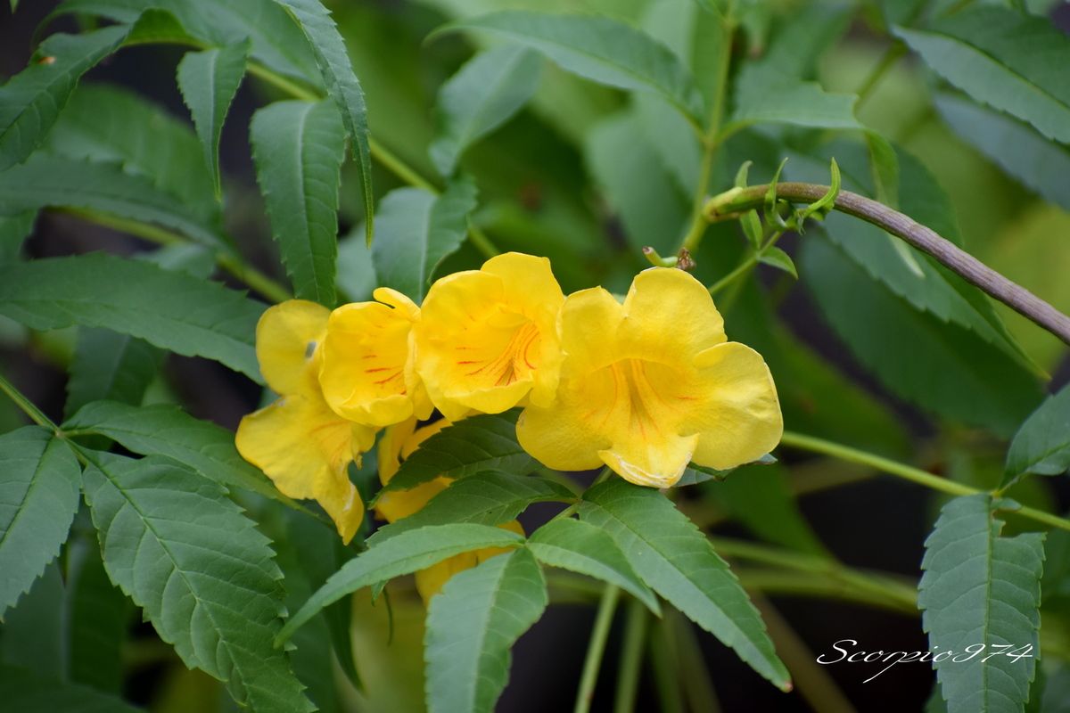 Nature, nature 974, Nature Réunion, nature de la Réunion, nature à la Réunion, flore introduite, flore introduite 974, flore introduite Réunion, flore introduite à la Réunion, flore introduite de la Réunion, flores introduites, flores introduites 974, flores introduites Réunion, flores introduites à la Réunion, flores introduites à la Réunion, fleur, fleur 974, fleur Réunion, fleur de la Réunion, fleur à la Réunion, Akène, Akène 974, Akène Réunion, Akène de la Réunion, Akène à la Réunion, Akène jaune, Akène jaune 974, Akène jaune Réunion, Akène jaune de la Réunion, Akène à la Réunion, fleur introduite, fleur introduite 974, fleur introduite Réunion, fleur introduite de la Réunion, fleur introduite à la Réunion, fleurs, fleurs 974, fleurs Réunion, fleurs de la Réunion, fleurs à la Réunion, fleur introduite, fleur introduite 974, fleur introduite Réunion, fleur introduite de la Réunion, fleur introduite à la Réunion, fleurs, fleurs 974, fleurs Réunion, fleurs de la Réunion, fleurs à la Réunion, fleurs introduites, fleurs introduites 974, fleurs introduites Réunion, fleurs introduites de la Réunion, fleur jaune, fleur jaune 974, fleur jaune Réunion, fleur jaune de la Réunion, fleur jaune à la Réunion, fleurs jaunes, fleurs jaunes 974, fleurs jaunes Réunion, fleurs jaunes de la Réunion, fleurs jaunes à la Réunion, fleur jaune vif, fleur jaune vif 974, fleur jaune vif Réunion, fleur jaune vif de la Réunion, fleur jaune vif à la Réunion, fleurs jaunes vifs, fleurs jaunes vifs 974, fleurs jaunes vifs Réunion, fleurs jaunes vifs de la Réunion, fleurs jaunes vifs, à la Réunion, fleur jaune introduite, fleur jaune introduite 974, fleur jaune introduite Réunion, fleur jaune introduite de la Réunion, fleur jaune introduite à la Réunion, fleurs jaunes introduites, fleurs jaunes introduites 974, fleurs jaunes introduites Réunion, fleurs jaunes introduites de la Réunion, fleurs jaunes introduites à la Réunion, fleur jaune vif introduite, fleur jaune vif introduite 974, fleur jaune vif introduite Réunion, fleur jaune vif introduite de la Réunion, fleur jaune vif introduite à la Réunion, fleurs jaunes vifs introduites, fleurs jaunes vifs introduites 974, fleurs jaunes vifs introduites Réunion, fleurs jaunes vifs introduites de la Réunion, fleurs jaunes vifs introduites à la Réunion, petits arbres, petits arbres 974, petits arbres Réunion, petits arbres de la Réunion, petits arbres à la Réunion, petit arbre, petit arbre 974, petit arbre de la Réunion, petit arbre Réunion, petit arbre à la Réunion, arbuste, arbuste 974, arbuste Réunion, arbuste de la Réunion, arbuste à la Réunion, arbustes, arbustes 974, arbustes Réunion, arbustes de la Réunion, arbustes à la Réunion, petits arbres à fleur jaune, petits arbres à fleur jaune 974, petits arbres à fleur jaune Réunion, petits arbres à fleur jaune de la Réunion, petits arbres à fleur jaune à la Réunion, petit arbre à fleurs jaunes, petit arbre à fleurs jaunes 974, petit arbre à fleurs jaunes Réunion, petit arbre à fleurs jaunes de la Réunion, petit arbre à fleurs jaunes à la Réunion, arbuste à fleur jaune, arbuste à fleur jaune 974, arbuste à fleur jaune Réunion, arbuste à fleur jaune de la Réunion, arbuste à fleur jaune à la Réunion, arbustes à fleurs jaunes, arbustes à fleurs jaunes 974, arbustes à fleurs jaunes Réunion, arbustes à fleurs jaunes de la Réunion, arbustes à fleurs jaunes à la Réunion, petits arbres à fleur jaune vif, petits arbres à fleur jaune vif 974, petits arbres à fleur jaune vif Réunion, petits arbres à fleur jaune vif à la Réunion, petits arbres à fleur jaune vif de la Réunion, petit arbre à fleurs jaunes vifs, petit arbre à fleurs jaunes vifs 974, petit arbre à fleurs jaunes vifs Réunion, petit arbre à fleurs jaunes vifs de la Réunion, petit arbre à fleurs jaunes vifs à la Réunion, arbuste à fleur jaune vif, arbuste à fleur jaune vif 974, arbuste à fleur jaune vif Réunion, arbuste à fleur jaune vif de la Réunion, arbuste à fleur jaune vif à la Réunion, arbustes à fleurs jaunes, arbustes à fleurs jaunes 974, arbustes à fleurs jaunes Réunion, arbustes à fleurs jaunes de la Réunion, arbustes à fleurs jaunes à la Réunion, petits arbres introduite, petits arbres introduite 974, petits arbres introduite Réunion, petits arbres introduite de la Réunion, petits arbres introduite à la Réunion, petit arbre introduites, petit arbre introduites 974, petit arbre introduites Réunion, petit arbre introduites de la Réunion, petit arbre introduites à la Réunion, arbustes introduites, arbustes introduites 974, arbustes introduites Réunion, arbustes introduites à la Réunion, arbustes introduites de la Réunion, arbuste introduite, arbuste introduite 974, arbuste introduite Réunion, arbuste introduite de la Réunion, arbuste introduite à la Réunion, petits arbres à fleur introduite 974, petits arbres à fleur introduite Réunion, petits arbres à fleur introduite de la Réunion, petits arbres à fleur introduite à la Réunion, petit arbre à fleurs introduites, petit arbre à fleurs introduites 974, petit arbre à fleurs introduites Réunion, petit arbre à fleurs introduites de la Réunion, petit arbre à fleurs introduites à la Réunion, petits arbres à fleur jaune introduite 974, petits arbres à fleur jaune introduite Réunion, petits arbres à fleur jaune introduite de la Réunion, petits arbres à fleur jaune introduite à la Réunion, petit arbre à fleur jaunes jaunes introduites, petit arbre à fleur jaunes jaunes introduites 974, petit arbre à fleur jaunes jaunes introduites Réunion, petit arbre à fleur jaunes jaunes introduites de la Réunion, petit arbre à fleur jaunes jaunes introduites à la Réunion,petits arbres à fleur jaune vif introduite 974, petits arbres à fleur jaune vif introduite Réunion, petits arbres à fleur jaune vif introduite de la Réunion, petits arbres à fleur jaune vif introduite à la Réunion, petit arbre à fleur jaunes vifs introarbuste à fleur introduite 974, arbuste à fleur introduite Réunion, arbuste à fleur introduite de la Réunion, arbuste à fleur introduite à la Réunion, arbustes à fleurs introduites, arbustes à fleurs introduites 974, arbustes à fleurs introduites Réunion, arbustes à fleurs introduites de la Réunion, arbustes à fleurs introduites à la Réunion, petit arbre à fleur jaunes vifs introduites, petit arbre à fleur jaunes vifs introduites 974, petit arbre à fleur jaunes vifs introduites Réunion, petit arbre à fleur jaunes vifs introduites de la Réunion, petit arbre à fleur jaunes vifs introduites à la Réunion, arbuste à fleur jaune introduite 974, arbuste à fleur jaune introduite Réunion, arbuste à fleur jaune introduite de la Réunion, arbuste à fleur jaune introduite à la Réunion, arbustes à fleur jaunes jaunes introduites, arbustes à fleur jaunes jaunes introduites 974, arbustes à fleur jaunes jaunes introduites Réunion, arbustes à fleur jaunes jaunes introduites de la Réunion, arbustes à fleur jaunes jaunes introduites à la Réunion, introduite, introduite 974, introduite Réunion, introduite de la Réunion, introduite à la Réunion, introduites, introduites 974, introduites Réunion, introduites à la Réunion, introduites de la Réunion, espèce introduite, espèce introduite 974, espèce introduite Réunion, espèce introduite de la Réunion, espèce introduite à la Réunion, espèces introduites, espèces introduites à la Réunion, espèces introduites 974, espèces introduites Réunion, espèces introduites de la Réunion, fleur jaune commune, fleur jaune commune 974, fleur jaune commune Réunion, fleur jaune commune de la Réunion, fleur jaune commune à la Réunion, fleurs jaunes communes, fleurs jaunes communes 974, fleurs jaunes communes Réunion, fleurs jaunes communes de la Réunion, fleurs jaunes communes à la Réunion, espèces florales, espèces florales 974, Réunion, espèces florales de la Réunion, espèces florales à la Réunion, espèce florale, espèce florale 974, Réunion, espèce florale de la Réunion, espèce florale à la Réunion, arbuste à fleur jaune envahissante, arbuste à fleur jaune envahissante 974, arbuste à fleur jaune envahissante Réunion, arbuste à fleur jaune envahissante de la Réunion, arbuste à fleur jaune envahissante à la Réunion, arbustes à fleurs jaunes envahissantes, arbustes à fleurs jaunes envahissantes 974, arbustes à fleurs jaunes envahissantes Réunion, arbustes à fleurs jaunes envahissantes de la Réunion, arbustes à fleurs jaunes envahissantes à la Réunion, communs, communs Réunion, communs 974, communs de la Réunion, communs à la Réunion, commun, commun 974, commun Réunion, commun de la Réunion, commun à la Réunion, espèces florales introduites, espèces florales introduites 974, espèces florales introduites Réunion, espèces florales introduites de la Réunion, espèces florales introduites à la Réunion, espèce florale introduite, espèce florale introduite 974, espèce florale introduite Réunion, espèce florale introduite de la Réunion, espèce florale introduite à la Réunion, espèce invasive, espèce invasive 974, espèce invasive Réunion, espèce invasive de la Réunion, espèce invasive à la Réunion, espèces invasives, espèces invasives 974, espèces invasives Réunion, espèces invasives de la Réunion, espèces invasives à la Réunion, espèces florales invasives, espèces florales invasives Réunion, espèces florales invasives de la Réunion, espèces florales invasives à la Réunion, espèce florale invasive, espèce florale invasive 974, espèce florale invasive Réunion, espèce florale invasive de la Réunion, espèce florale invasive à la Réunion, espèces florales envahissantes troisième, espèces florales envahissantes troisième 974, espèces florales envahissantes troisième Réunion, espèces florales envahissantes troisième de la Réunion, espèces florales envahissantes troisième à la Réunion, espèce florale envahissante troisième, espèce florale envahissante troisième 974, espèce florale envahissante troisième Réunion, espèce florale envahissante troisième de la Réunion, espèce florale envahissante troisième à la Réunion, espèces florales envahissantes de moyen niveau, espèces florales envahissantes de moyen niveau 974, espèces florales envahissantes de moyen niveau Réunion, espèces florales envahissantes de moyen niveau de la Réunion, espèces florales envahissantes de moyen niveau à la Réunion, espèce florale envahissante de moyen niveau, espèce florale envahissante de moyen niveau 974, espèce florale envahissante de moyen niveau Réunion, espèce florale envahissante de moyen niveau de la Réunion, espèce florale envahissante de moyen niveau à la Réunion, espèces florales nuisibles de niveau 3 sur 3, espèces florales nuisibles de niveau 3 sur 3 974, espèces florales nuisibles de niveau 3 sur 3 Réunion, espèces florales nuisibles de niveau 3 sur 3 de la Réunion, espèces florales nuisibles de niveau 3 sur 3 à la Réunion, espèce florale envahissante de trois sur trois, espèce florale envahissante de trois sur trois 974, espèce florale envahissante de trois sur trois Réunion, espèce florale envahissante de trois sur trois de la Réunion, espèce florale envahissante de trois sur trois à la Réunion, espèce florale envahissante de niveau 3 sur 3, espèce florale envahissante de niveau 3 sur 3 974, espèce florale envahissante de niveau 3 sur 3 Réunion, espèce florale envahissante de niveau 3 sur 3 de la Réunion, espèce florale envahissante de niveau 3 sur 3 à la Réunion, espèces florales envahissantes de niveau 3 sur 3, espèces florales envahissantes de niveau 3 sur 3 974, espèces florales envahissantes de niveau 3 sur 3 Réunion, espèces florales envahissantes de niveau 3 sur 3 de la Réunion, espèces florales envahissantes de niveau 3 sur 3 à la Réunion, espèces envahissantes de moyen niveau, espèces envahissantes de moyen niveau 974, espèces envahissantes de moyen niveau Réunion, espèces envahissantes de moyen niveau de la Réunion, espèces envahissantes de moyen niveau à la Réunion, espèce envahissante de moyen niveau, espèce envahissante de moyen niveau 974, espèce envahissante de moyen niveau Réunion, espèce envahissante de moyen niveau de la Réunion, espèce envahissante de moyen niveau à la Réunion, espèces envahissantes de niveau 3, espèces envahissantes de niveau 3 974, espèces envahissantes de niveau 3 Réunion, espèces envahissantes de niveau 3 de la Réunion, espèces envahissantes de niveau 3 à la Réunion, espèce envahissante de niveau 3, espèce envahissante de niveau 3 974, espèce envahissante de niveau 3 Réunion, espèce envahissante de niveau 3 de la Réunion, espèce envahissante de niveau 3 à la Réunion, espèces envahissantes de trois sur trois, espèces envahissantes de trois sur trois 974, espèces envahissantes de trois sur trois Réunion, espèces envahissantes de trois sur trois de la Réunion, espèces envahissantes de trois sur trois à la Réunion, espèce envahissante de trois sur trois, espèce envahissante de trois sur trois 974, espèce envahissante de trois sur trois Réunion, espèce envahissante de trois sur trois de la Réunion, espèce envahissante de trois sur trois à la Réunion, espèces envahissantes de niveau 3 sur 3, espèces envahissantes de niveau 3 sur 3 974, espèces envahissantes de niveau 3 sur 3 Réunion, espèces envahissantes de niveau 3 sur 3 de la Réunion, espèces envahissantes de niveau 3 sur 3 à la Réunion, espèce envahissante de niveau 3 sur 3, espèce envahissante de niveau 3 sur 3 974, espèce envahissante de niveau 3 sur 3 Réunion, espèce envahissante de niveau 3 sur 3 de la Réunion, espèce envahissante de niveau 3 sur 3 à la Réunion, espèces de fleurs invasives, espèces de fleurs invasives 974, espèces de fleurs invasives Réunion, espèces de fleurs invasives de la Réunion, espèces de fleurs invasives à la Réunion, espèce de fleur invasive, espèce de fleur invasive 974, espèce de fleur invasive Réunion, espèce de fleur invasive de la Réunion, espèce de fleur invasive à la Réunion, nuisible, nuisible 974, nuisible Réunion, nuisible de la Réunion, nuisible à la Réunion, nuisibles, nuisibles 974, nuisibles Réunion, nuisibles de la Réunion, nuisibles à la Réunion, espèce nuisible, espèce nuisible 974, espèce nuisible Réunion, espèce nuisible de la Réunion, espèce nuisible à la Réunion, espèces nuisibles, espèces nuisibles 974, espèces nuisibles Réunion, espèces nuisibles de la Réunion, espèces nuisibles à la Réunion, flore magnifique, flore magnifique Réunion, flore magnifique de la Réunion, flore magnifique à la Réunion, espèces fleurs invasives, espèces fleurs invasives 974, espèces fleurs invasives Réunion, espèces fleurs invasives de la Réunion, espèces fleurs invasives à la Réunion, espèce fleur invasive, espèce fleur invasive 974, espèce fleur invasive Réunion, espèce fleur invasive de la Réunion, espèce fleur invasive à la Réunion, flore invasives, flore invasives 974, flore invasives Réunion, flore invasives de la Réunion, flore invasives à la Réunion, fleur invasive, fleur invasive 974, fleur invasive Réunion, fleur invasive de la Réunion, fleur invasive à la Réunion, fleurs invasives, fleurs invasives Réunion, fleurs invasives de la Réunion, fleurs invasives à la Réunion, petite fleur, petite fleur 974, petite fleur Réunion, petite fleur de la Réunion, petite fleur à la Réunion, petite fleur introduite, petite fleur introduite 974, petite fleur introduite Réunion, petite fleur introduite de la Réunion, petite fleur introduite à la Réunion, petites fleurs, petites fleurs 974, petites fleurs Réunion, petites fleurs de la Réunion, petites fleurs à la Réunion, petite fleur introduite, petite fleur introduite 974, petite fleur introduite Réunion, petite fleur introduite de la Réunion, petite fleur introduite à la Réunion, petites fleurs, petites fleurs 974, petites fleurs Réunion, petites fleurs de la Réunion, petites fleurs à la Réunion, petites fleurs introduites, petites fleurs introduites 974, petites fleurs introduites Réunion, petites fleurs introduites de la Réunion, petite fleur jaune, petite fleur jaune 974, petite fleur jaune Réunion, petite fleur jaune de la Réunion, petite fleur jaune à la Réunion, petites fleurs jaunes, petites fleurs jaunes 974, petites fleurs jaunes Réunion, petites fleurs jaunes de la Réunion, petites fleurs jaunes à la Réunion, petite fleur jaune vif, petite fleur jaune vif 974, petite fleur jaune vif Réunion, petite fleur jaune vif de la Réunion, petite fleur jaune vif à la Réunion, petites fleurs jaunes vifs, petites fleurs jaunes vifs 974, petites fleurs jaunes vifs Réunion, petites fleurs jaunes vifs de la Réunion, petites fleurs jaunes vifs, à la Réunion, petite fleur jaune introduite, petite fleur jaune introduite 974, petite fleur jaune introduite Réunion, petite fleur jaune introduite de la Réunion, petite fleur jaune introduite à la Réunion, petites fleurs jaunes introduites, petites fleurs jaunes introduites 974, petites fleurs jaunes introduites Réunion, petites fleurs jaunes introduites de la Réunion, petites fleurs jaunes introduites à la Réunion, petite fleur jaune vif introduite, petite fleur jaune vif introduite 974, petite fleur jaune vif introduite Réunion, petite fleur jaune vif introduite de la Réunion, petite fleur jaune vif introduite à la Réunion, petites fleurs jaunes vifs introduites, petites fleurs jaunes vifs introduites 974, petites fleurs jaunes vifs introduites Réunion, petites fleurs jaunes vifs introduites de la Réunion, petites fleurs jaunes vifs introduites à la Réunion, petits arbres à petite fleur jaune, petits arbres à petite fleur jaune 974, petits arbres à petite fleur jaune Réunion, petits arbres à petite fleur jaune de la Réunion, petits arbres à petite fleur jaune à la Réunion, petit arbre à petites fleurs jaunes, petit arbre à petites fleurs jaunes 974, petit arbre à petites fleurs jaunes Réunion, petit arbre à petites fleurs jaunes de la Réunion, petit arbre à petites fleurs jaunes à la Réunion, arbuste à petite fleur jaune, arbuste à petite fleur jaune 974, arbuste à petite fleur jaune Réunion, arbuste à petite fleur jaune de la Réunion, arbuste à petite fleur jaune à la Réunion, arbustes à petites fleurs jaunes, arbustes à petites fleurs jaunes 974, arbustes à petites fleurs jaunes Réunion, arbustes à petites fleurs jaunes de la Réunion, arbustes à petites fleurs jaunes à la Réunion, petits arbres à petite fleur jaune vif, petits arbres à petite fleur jaune vif 974, petits arbres à petite fleur jaune vif Réunion, petits arbres à petite fleur jaune vif à la Réunion, petits arbres à petite fleur jaune vif de la Réunion, petit arbre à petites fleurs jaunes vifs, petit arbre à petites fleurs jaunes vifs 974, petit arbre à petites fleurs jaunes vifs Réunion, petit arbre à petites fleurs jaunes vifs de la Réunion, petit arbre à petites fleurs jaunes vifs à la Réunion, arbuste à petite fleur jaune vif, arbuste à petite fleur jaune vif 974, arbuste à petite fleur jaune vif Réunion, arbuste à petite fleur jaune vif de la Réunion, arbuste à petite fleur jaune vif à la Réunion, arbustes à petites fleurs jaunes, arbustes à petites fleurs jaunes 974, arbustes à petites fleurs jaunes Réunion, arbustes à petites fleurs jaunes de la Réunion, arbustes à petites fleurs jaunes à la Réunion, petits arbres à petite fleur introduite 974, petits arbres à petite fleur introduite Réunion, petits arbres à petite fleur introduite de la Réunion, petits arbres à petite fleur introduite à la Réunion, petit arbre à petites fleurs introduites, petit arbre à petites fleurs introduites 974, petit arbre à petites fleurs introduites Réunion, petit arbre à petites fleurs introduites de la Réunion, petit arbre à petites fleurs introduites à la Réunion, petits arbres à petite fleur jaune introduite 974, petits arbres à petite fleur jaune introduite Réunion, petits arbres à petite fleur jaune introduite de la Réunion, petits arbres à petite fleur jaune introduite à la Réunion, petit arbre à petite fleur jaunes jaunes introduites, petit arbre à petite fleur jaunes jaunes introduites 974, petit arbre à petite fleur jaunes jaunes introduites Réunion, petit arbre à petite fleur jaunes jaunes introduites de la Réunion, petit arbre à petite fleur jaunes jaunes introduites à la Réunion,petits arbres à petite fleur jaune vif introduite 974, petits arbres à petite fleur jaune vif introduite Réunion, petits arbres à petite fleur jaune vif introduite de la Réunion, petits arbres à petite fleur jaune vif introduite à la Réunion, petit arbre à petite fleur jaune vifs, arbuste à petite fleur introduite 974, arbuste à petite fleur introduite Réunion, arbuste à petite fleur introduite de la Réunion, arbuste à petite fleur introduite à la Réunion, arbustes à petites fleurs introduites, arbustes à petites fleurs introduites 974, arbustes à petites fleurs introduites Réunion, arbustes à petites fleurs introduites de la Réunion, arbustes à petites fleurs introduites à la Réunion, petit arbre à petite fleur jaunes vifs introduites, petit arbre à petite fleur jaunes vifs introduites 974, petit arbre à petite fleur jaunes vifs introduites Réunion, petit arbre à petite fleur jaunes vifs introduites de la Réunion, petit arbre à petite fleur jaunes vifs introduites à la Réunion, arbuste à petite fleur jaune introduite 974, arbuste à petite fleur jaune introduite Réunion, arbuste à petite fleur jaune introduite de la Réunion, arbuste à petite fleur jaune introduite à la Réunion, arbustes à petite fleur jaunes jaunes introduites, arbustes à petite fleur jaunes jaunes introduites 974, arbustes à petite fleur jaunes jaunes introduites Réunion, arbustes à petite fleur jaunes jaunes introduites de la Réunion, arbustes à petite fleur jaunes jaunes introduites à la Réunion, petite fleur jaune commune, petite fleur jaune commune 974, petite fleur jaune commune Réunion, petite fleur jaune commune de la Réunion, petite fleur jaune commune à la Réunion, petites fleurs jaunes communes, petites fleurs jaunes communes 974, petites fleurs jaunes communes Réunion, petites fleurs jaunes communes de la Réunion, petites fleurs jaunes communes à la Réunion, arbuste à petite fleur jaune envahissante, arbuste à petite fleur jaune envahissante 974, arbuste à petite fleur jaune envahissante Réunion, arbuste à petite fleur jaune envahissante de la Réunion, arbuste à petite fleur jaune envahissante à la Réunion, arbustes à petites fleurs jaunes envahissantes, arbustes à petites fleurs jaunes envahissantes 974, arbustes à petites fleurs jaunes envahissantes Réunion, arbustes à petites fleurs jaunes envahissantes de la Réunion, arbustes à petites fleurs jaunes envahissantes à la Réunion, espèces de petites fleurs invasives, espèces de petites fleurs invasives 974, espèces de petites fleurs invasives Réunion, espèces de petites fleurs invasives de la Réunion, espèces de petites fleurs invasives à la Réunion, espèce de petite fleur invasive, espèce de petite fleur invasive 974, espèce de petite fleur invasive Réunion, espèce de petite fleur invasive de la Réunion, espèce de petite fleur invasive à la Réunion, espèces petites fleurs invasives, espèces petites fleurs invasives 974, espèces petites fleurs invasives Réunion, espèces petites fleurs invasives de la Réunion, espèces petites fleurs invasives à la Réunion, espèce petite fleur invasive, espèce petite fleur invasive 974, espèce petite fleur invasive Réunion, espèce petite fleur invasive de la Réunion, espèce petite fleur invasive à la Réunion, petite fleur invasive, petite fleur invasive 974, petite fleur invasive Réunion, petite fleur invasive de la Réunion, petite fleur invasive à la Réunion, petites fleurs invasives, petites fleurs invasives Réunion, petites fleurs invasives de la Réunion, petites fleurs invasives à la Réunion, ,  flore introduite, flore introduite 974, flore introduite Réunion, flore introduite à la Réunion, flore introduite de la Réunion, flores introduites, flores introduites 974, flores introduites Réunion, flores introduites à la Réunion, flores introduites à la Réunion, fleur, fleur 974, fleur Réunion, fleur de la Réunion, fleur à la Réunion, Akène, Akène 974, Akène Réunion, Akène de la Réunion, Akène à la Réunion, Akène jaune, Akène jaune 974, Akène jaune Réunion, Akène jaune de la Réunion, Akène à la Réunion, fleur introduite, fleur introduite 974, fleur introduite Réunion, fleur introduite de la Réunion, fleur introduite à la Réunion, fleurs, fleurs 974, fleurs Réunion, fleurs de la Réunion, fleurs à la Réunion, fleur introduite, fleur introduite 974, fleur introduite Réunion, fleur introduite de la Réunion, fleur introduite à la Réunion, fleurs, fleurs 974, fleurs Réunion, fleurs de la Réunion, fleurs à la Réunion, fleurs introduites, fleurs introduites 974, fleurs introduites Réunion, fleurs introduites de la Réunion, fleur jaune, fleur jaune 974, fleur jaune Réunion, fleur jaune de la Réunion, fleur jaune à la Réunion, fleurs jaunes, fleurs jaunes 974, fleurs jaunes Réunion, fleurs jaunes de la Réunion, fleurs jaunes à la Réunion, fleur jaune vif, fleur jaune vif 974, fleur jaune vif Réunion, fleur jaune vif de la Réunion, fleur jaune vif à la Réunion, fleurs jaunes vifs, fleurs jaunes vifs 974, fleurs jaunes vifs Réunion, fleurs jaunes vifs de la Réunion, fleurs jaunes vifs, à la Réunion, fleur jaune introduite, fleur jaune introduite 974, fleur jaune introduite Réunion, fleur jaune introduite de la Réunion, fleur jaune introduite à la Réunion, fleurs jaunes introduites, fleurs jaunes introduites 974, fleurs jaunes introduites Réunion, fleurs jaunes introduites de la Réunion, fleurs jaunes introduites à la Réunion, fleur jaune vif introduite, fleur jaune vif introduite 974, fleur jaune vif introduite Réunion, fleur jaune vif introduite de la Réunion, fleur jaune vif introduite à la Réunion, fleurs jaunes vifs introduites, fleurs jaunes vifs introduites 974, fleurs jaunes vifs introduites Réunion, fleurs jaunes vifs introduites de la Réunion, fleurs jaunes vifs introduites à la Réunion, petits arbres, petits arbres 974, petits arbres Réunion, petits arbres de la Réunion, petits arbres à la Réunion, petit arbre, petit arbre 974, petit arbre de la Réunion, petit arbre Réunion, petit arbre à la Réunion, arbuste, arbuste 974, arbuste Réunion, arbuste de la Réunion, arbuste à la Réunion, arbustes, arbustes 974, arbustes Réunion, arbustes de la Réunion, arbustes à la Réunion, petits arbres à fleur jaune, petits arbres à fleur jaune 974, petits arbres à fleur jaune Réunion, petits arbres à fleur jaune de la Réunion, petits arbres à fleur jaune à la Réunion, petit arbre à fleurs jaunes, petit arbre à fleurs jaunes 974, petit arbre à fleurs jaunes Réunion, petit arbre à fleurs jaunes de la Réunion, petit arbre à fleurs jaunes à la Réunion, arbuste à fleur jaune, arbuste à fleur jaune 974, arbuste à fleur jaune Réunion, arbuste à fleur jaune de la Réunion, arbuste à fleur jaune à la Réunion, arbustes à fleurs jaunes, arbustes à fleurs jaunes 974, arbustes à fleurs jaunes Réunion, arbustes à fleurs jaunes de la Réunion, arbustes à fleurs jaunes à la Réunion, petits arbres à fleur jaune vif, petits arbres à fleur jaune vif 974, petits arbres à fleur jaune vif Réunion, petits arbres à fleur jaune vif à la Réunion, petits arbres à fleur jaune vif de la Réunion, petit arbre à fleurs jaunes vifs, petit arbre à fleurs jaunes vifs 974, petit arbre à fleurs jaunes vifs Réunion, petit arbre à fleurs jaunes vifs de la Réunion, petit arbre à fleurs jaunes vifs à la Réunion, arbuste à fleur jaune vif, arbuste à fleur jaune vif 974, arbuste à fleur jaune vif Réunion, arbuste à fleur jaune vif de la Réunion, arbuste à fleur jaune vif à la Réunion, arbustes à fleurs jaunes, arbustes à fleurs jaunes 974, arbustes à fleurs jaunes Réunion, arbustes à fleurs jaunes de la Réunion, arbustes à fleurs jaunes à la Réunion, petits arbres introduite, petits arbres introduite 974, petits arbres introduite Réunion, petits arbres introduite de la Réunion, petits arbres introduite à la Réunion, petit arbre introduites, petit arbre introduites 974, petit arbre introduites Réunion, petit arbre introduites de la Réunion, petit arbre introduites à la Réunion, arbustes introduites, arbustes introduites 974, arbustes introduites Réunion, arbustes introduites à la Réunion, arbustes introduites de la Réunion, arbuste introduite, arbuste introduite 974, arbuste introduite Réunion, arbuste introduite de la Réunion, arbuste introduite à la Réunion, petits arbres à fleur introduite 974, petits arbres à fleur introduite Réunion, petits arbres à fleur introduite de la Réunion, petits arbres à fleur introduite à la Réunion, petit arbre à fleurs introduites, petit arbre à fleurs introduites 974, petit arbre à fleurs introduites Réunion, petit arbre à fleurs introduites de la Réunion, petit arbre à fleurs introduites à la Réunion, petits arbres à fleur jaune introduite 974, petits arbres à fleur jaune introduite Réunion, petits arbres à fleur jaune introduite de la Réunion, petits arbres à fleur jaune introduite à la Réunion, petit arbre à fleur jaunes jaunes introduites, petit arbre à fleur jaunes jaunes introduites 974, petit arbre à fleur jaunes jaunes introduites Réunion, petit arbre à fleur jaunes jaunes introduites de la Réunion, petit arbre à fleur jaunes jaunes introduites à la Réunion,petits arbres à fleur jaune vif introduite 974, petits arbres à fleur jaune vif introduite Réunion, petits arbres à fleur jaune vif introduite de la Réunion, petits arbres à fleur jaune vif introduite à la Réunion, petit arbre à fleur jaunes vifs introarbuste à fleur introduite 974, arbuste à fleur introduite Réunion, arbuste à fleur introduite de la Réunion, arbuste à fleur introduite à la Réunion, arbustes à fleurs introduites, arbustes à fleurs introduites 974, arbustes à fleurs introduites Réunion, arbustes à fleurs introduites de la Réunion, arbustes à fleurs introduites à la Réunion, petit arbre à fleur jaunes vifs introduites, petit arbre à fleur jaunes vifs introduites 974, petit arbre à fleur jaunes vifs introduites Réunion, petit arbre à fleur jaunes vifs introduites de la Réunion, petit arbre à fleur jaunes vifs introduites à la Réunion, arbuste à fleur jaune introduite 974, arbuste à fleur jaune introduite Réunion, arbuste à fleur jaune introduite de la Réunion, arbuste à fleur jaune introduite à la Réunion, arbustes à fleur jaunes jaunes introduites, arbustes à fleur jaunes jaunes introduites 974, arbustes à fleur jaunes jaunes introduites Réunion, arbustes à fleur jaunes jaunes introduites de la Réunion, arbustes à fleur jaunes jaunes introduites à la Réunion, introduite, introduite 974, introduite Réunion, introduite de la Réunion, introduite à la Réunion, introduites, introduites 974, introduites Réunion, introduites à la Réunion, introduites de la Réunion, espèce introduite, espèce introduite 974, espèce introduite Réunion, espèce introduite de la Réunion, espèce introduite à la Réunion, espèces introduites, espèces introduites à la Réunion, espèces introduites 974, espèces introduites Réunion, espèces introduites de la Réunion, fleur jaune commune, fleur jaune commune 974, fleur jaune commune Réunion, fleur jaune commune de la Réunion, fleur jaune commune à la Réunion, fleurs jaunes communes, fleurs jaunes communes 974, fleurs jaunes communes Réunion, fleurs jaunes communes de la Réunion, fleurs jaunes communes à la Réunion, espèces florales, espèces florales 974, Réunion, espèces florales de la Réunion, espèces florales à la Réunion, espèce florale, espèce florale 974, Réunion, espèce florale de la Réunion, espèce florale à la Réunion, arbuste à fleur jaune envahissante, arbuste à fleur jaune envahissante 974, arbuste à fleur jaune envahissante Réunion, arbuste à fleur jaune envahissante de la Réunion, arbuste à fleur jaune envahissante à la Réunion, arbustes à fleurs jaunes envahissantes, arbustes à fleurs jaunes envahissantes 974, arbustes à fleurs jaunes envahissantes Réunion, arbustes à fleurs jaunes envahissantes de la Réunion, arbustes à fleurs jaunes envahissantes à la Réunion, communs, communs Réunion, communs 974, communs de la Réunion, communs à la Réunion, commun, commun 974, commun Réunion, commun de la Réunion, commun à la Réunion, espèces florales introduites, espèces florales introduites 974, espèces florales introduites Réunion, espèces florales introduites de la Réunion, espèces florales introduites à la Réunion, espèce florale introduite, espèce florale introduite 974, espèce florale introduite Réunion, espèce florale introduite de la Réunion, espèce florale introduite à la Réunion, espèce invasive, espèce invasive 974, espèce invasive Réunion, espèce invasive de la Réunion, espèce invasive à la Réunion, espèces invasives, espèces invasives 974, espèces invasives Réunion, espèces invasives de la Réunion, espèces invasives à la Réunion, espèces florales invasives, espèces florales invasives Réunion, espèces florales invasives de la Réunion, espèces florales invasives à la Réunion, espèce florale invasive, espèce florale invasive 974, espèce florale invasive Réunion, espèce florale invasive de la Réunion, espèce florale invasive à la Réunion, espèces florales envahissantes cinqième, espèces florales envahissantes cinqième 974, espèces florales envahissantes cinqième Réunion, espèces florales envahissantes cinqième de la Réunion, espèces florales envahissantes cinqième à la Réunion, espèce florale envahissante cinqième, espèce florale envahissante cinqième 974, espèce florale envahissante cinqième Réunion, espèce florale envahissante cinqième de la Réunion, espèce florale envahissante cinqième à la Réunion, espèces florales envahissantes de moyen niveau, espèces florales envahissantes de moyen niveau 974, espèces florales envahissantes de moyen niveau Réunion, espèces florales envahissantes de moyen niveau de la Réunion, espèces florales envahissantes de moyen niveau à la Réunion, espèce florale envahissante de moyen niveau, espèce florale envahissante de moyen niveau 974, espèce florale envahissante de moyen niveau Réunion, espèce florale envahissante de moyen niveau de la Réunion, espèce florale envahissante de moyen niveau à la Réunion, espèces florales nuisibles de niveau 5 sur 5, espèces florales nuisibles de niveau 5 sur 5 974, espèces florales nuisibles de niveau 5 sur 5 Réunion, espèces florales nuisibles de niveau 5 sur 5 de la Réunion, espèces florales nuisibles de niveau 5 sur 5 à la Réunion, espèce florale envahissante de cinq sur cinq, espèce florale envahissante de cinq sur cinq 974, espèce florale envahissante de cinq sur cinq Réunion, espèce florale envahissante de cinq sur cinq de la Réunion, espèce florale envahissante de cinq sur cinq à la Réunion, espèce florale envahissante de niveau 5 sur 5, espèce florale envahissante de niveau 5 sur 5 974, espèce florale envahissante de niveau 5 sur 5 Réunion, espèce florale envahissante de niveau 5 sur 5 de la Réunion, espèce florale envahissante de niveau 5 sur 5 à la Réunion, espèces florales envahissantes de niveau 5 sur 5, espèces florales envahissantes de niveau 5 sur 5 974, espèces florales envahissantes de niveau 5 sur 5 Réunion, espèces florales envahissantes de niveau 5 sur 5 de la Réunion, espèces florales envahissantes de niveau 5 sur 5 à la Réunion, espèces envahissantes de moyen niveau, espèces envahissantes de moyen niveau 974, espèces envahissantes de moyen niveau Réunion, espèces envahissantes de moyen niveau de la Réunion, espèces envahissantes de moyen niveau à la Réunion, espèce envahissante de moyen niveau, espèce envahissante de moyen niveau 974, espèce envahissante de moyen niveau Réunion, espèce envahissante de moyen niveau de la Réunion, espèce envahissante de moyen niveau à la Réunion, espèces envahissantes de niveau 5, espèces envahissantes de niveau 5 974, espèces envahissantes de niveau 5 Réunion, espèces envahissantes de niveau 5 de la Réunion, espèces envahissantes de niveau 5 à la Réunion, espèce envahissante de niveau 5, espèce envahissante de niveau 5 974, espèce envahissante de niveau 5 Réunion, espèce envahissante de niveau 5 de la Réunion, espèce envahissante de niveau 5 à la Réunion, espèces envahissantes de cinq sur cinq, espèces envahissantes de cinq sur cinq 974, espèces envahissantes de cinq sur cinq Réunion, espèces envahissantes de cinq sur cinq de la Réunion, espèces envahissantes de cinq sur cinq à la Réunion, espèce envahissante de cinq sur cinq, espèce envahissante de cinq sur cinq 974, espèce envahissante de cinq sur cinq Réunion, espèce envahissante de cinq sur cinq de la Réunion, espèce envahissante de cinq sur cinq à la Réunion, espèces envahissantes de niveau 5 sur 5, espèces envahissantes de niveau 5 sur 5 974, espèces envahissantes de niveau 5 sur 5 Réunion, espèces envahissantes de niveau 5 sur 5 de la Réunion, espèces envahissantes de niveau 5 sur 5 à la Réunion, espèce envahissante de niveau 5 sur 5, espèce envahissante de niveau 5 sur 5 974, espèce envahissante de niveau 5 sur 5 Réunion, espèce envahissante de niveau 5 sur 5 de la Réunion, espèce envahissante de niveau 5 sur 5 à la Réunion, espèces de fleurs invasives, espèces de fleurs invasives 974, espèces de fleurs invasives Réunion, espèces de fleurs invasives de la Réunion, espèces de fleurs invasives à la Réunion, espèce de fleur invasive, espèce de fleur invasive 974, espèce de fleur invasive Réunion, espèce de fleur invasive de la Réunion, espèce de fleur invasive à la Réunion, nuisible, nuisible 974, nuisible Réunion, nuisible de la Réunion, nuisible à la Réunion, nuisibles, nuisibles 974, nuisibles Réunion, nuisibles de la Réunion, nuisibles à la Réunion, espèce nuisible, espèce nuisible 974, espèce nuisible Réunion, espèce nuisible de la Réunion, espèce nuisible à la Réunion, espèces nuisibles, espèces nuisibles 974, espèces nuisibles Réunion, espèces nuisibles de la Réunion, espèces nuisibles à la Réunion, flore magnifique, flore magnifique Réunion, flore magnifique de la Réunion, flore magnifique à la Réunion, espèces fleurs invasives, espèces fleurs invasives 974, espèces fleurs invasives Réunion, espèces fleurs invasives de la Réunion, espèces fleurs invasives à la Réunion, espèce fleur invasive, espèce fleur invasive 974, espèce fleur invasive Réunion, espèce fleur invasive de la Réunion, espèce fleur invasive à la Réunion, flore invasives, flore invasives 974, flore invasives Réunion, flore invasives de la Réunion, flore invasives à la Réunion, fleur invasive, fleur invasive 974, fleur invasive Réunion, fleur invasive de la Réunion, fleur invasive à la Réunion, fleurs invasives, fleurs invasives Réunion, fleurs invasives de la Réunion, fleurs invasives à la Réunion, petite fleur, petite fleur 974, petite fleur Réunion, petite fleur de la Réunion, petite fleur à la Réunion, petite fleur introduite, petite fleur introduite 974, petite fleur introduite Réunion, petite fleur introduite de la Réunion, petite fleur introduite à la Réunion, petites fleurs, petites fleurs 974, petites fleurs Réunion, petites fleurs de la Réunion, petites fleurs à la Réunion, petite fleur introduite, petite fleur introduite 974, petite fleur introduite Réunion, petite fleur introduite de la Réunion, petite fleur introduite à la Réunion, petites fleurs, petites fleurs 974, petites fleurs Réunion, petites fleurs de la Réunion, petites fleurs à la Réunion, petites fleurs introduites, petites fleurs introduites 974, petites fleurs introduites Réunion, petites fleurs introduites de la Réunion, petite fleur jaune, petite fleur jaune 974, petite fleur jaune Réunion, petite fleur jaune de la Réunion, petite fleur jaune à la Réunion, petites fleurs jaunes, petites fleurs jaunes 974, petites fleurs jaunes Réunion, petites fleurs jaunes de la Réunion, petites fleurs jaunes à la Réunion, petite fleur jaune vif, petite fleur jaune vif 974, petite fleur jaune vif Réunion, petite fleur jaune vif de la Réunion, petite fleur jaune vif à la Réunion, petites fleurs jaunes vifs, petites fleurs jaunes vifs 974, petites fleurs jaunes vifs Réunion, petites fleurs jaunes vifs de la Réunion, petites fleurs jaunes vifs, à la Réunion, petite fleur jaune introduite, petite fleur jaune introduite 974, petite fleur jaune introduite Réunion, petite fleur jaune introduite de la Réunion, petite fleur jaune introduite à la Réunion, petites fleurs jaunes introduites, petites fleurs jaunes introduites 974, petites fleurs jaunes introduites Réunion, petites fleurs jaunes introduites de la Réunion, petites fleurs jaunes introduites à la Réunion, petite fleur jaune vif introduite, petite fleur jaune vif introduite 974, petite fleur jaune vif introduite Réunion, petite fleur jaune vif introduite de la Réunion, petite fleur jaune vif introduite à la Réunion, petites fleurs jaunes vifs introduites, petites fleurs jaunes vifs introduites 974, petites fleurs jaunes vifs introduites Réunion, petites fleurs jaunes vifs introduites de la Réunion, petites fleurs jaunes vifs introduites à la Réunion, petits arbres à petite fleur jaune, petits arbres à petite fleur jaune 974, petits arbres à petite fleur jaune Réunion, petits arbres à petite fleur jaune de la Réunion, petits arbres à petite fleur jaune à la Réunion, petit arbre à petites fleurs jaunes, petit arbre à petites fleurs jaunes 974, petit arbre à petites fleurs jaunes Réunion, petit arbre à petites fleurs jaunes de la Réunion, petit arbre à petites fleurs jaunes à la Réunion, arbuste à petite fleur jaune, arbuste à petite fleur jaune 974, arbuste à petite fleur jaune Réunion, arbuste à petite fleur jaune de la Réunion, arbuste à petite fleur jaune à la Réunion, arbustes à petites fleurs jaunes, arbustes à petites fleurs jaunes 974, arbustes à petites fleurs jaunes Réunion, arbustes à petites fleurs jaunes de la Réunion, arbustes à petites fleurs jaunes à la Réunion, petits arbres à petite fleur jaune vif, petits arbres à petite fleur jaune vif 974, petits arbres à petite fleur jaune vif Réunion, petits arbres à petite fleur jaune vif à la Réunion, petits arbres à petite fleur jaune vif de la Réunion, petit arbre à petites fleurs jaunes vifs, petit arbre à petites fleurs jaunes vifs 974, petit arbre à petites fleurs jaunes vifs Réunion, petit arbre à petites fleurs jaunes vifs de la Réunion, petit arbre à petites fleurs jaunes vifs à la Réunion, arbuste à petite fleur jaune vif, arbuste à petite fleur jaune vif 974, arbuste à petite fleur jaune vif Réunion, arbuste à petite fleur jaune vif de la Réunion, arbuste à petite fleur jaune vif à la Réunion, arbustes à petites fleurs jaunes, arbustes à petites fleurs jaunes 974, arbustes à petites fleurs jaunes Réunion, arbustes à petites fleurs jaunes de la Réunion, arbustes à petites fleurs jaunes à la Réunion, petits arbres à petite fleur introduite 974, petits arbres à petite fleur introduite Réunion, petits arbres à petite fleur introduite de la Réunion, petits arbres à petite fleur introduite à la Réunion, petit arbre à petites fleurs introduites, petit arbre à petites fleurs introduites 974, petit arbre à petites fleurs introduites Réunion, petit arbre à petites fleurs introduites de la Réunion, petit arbre à petites fleurs introduites à la Réunion, petits arbres à petite fleur jaune introduite 974, petits arbres à petite fleur jaune introduite Réunion, petits arbres à petite fleur jaune introduite de la Réunion, petits arbres à petite fleur jaune introduite à la Réunion, petit arbre à petite fleur jaunes jaunes introduites, petit arbre à petite fleur jaunes jaunes introduites 974, petit arbre à petite fleur jaunes jaunes introduites Réunion, petit arbre à petite fleur jaunes jaunes introduites de la Réunion, petit arbre à petite fleur jaunes jaunes introduites à la Réunion,petits arbres à petite fleur jaune vif introduite 974, petits arbres à petite fleur jaune vif introduite Réunion, petits arbres à petite fleur jaune vif introduite de la Réunion, petits arbres à petite fleur jaune vif introduite à la Réunion, petit arbre à petite fleur jaune vifs, arbuste à petite fleur introduite 974, arbuste à petite fleur introduite Réunion, arbuste à petite fleur introduite de la Réunion, arbuste à petite fleur introduite à la Réunion, arbustes à petites fleurs introduites, arbustes à petites fleurs introduites 974, arbustes à petites fleurs introduites Réunion, arbustes à petites fleurs introduites de la Réunion, arbustes à petites fleurs introduites à la Réunion, petit arbre à petite fleur jaunes vifs introduites, petit arbre à petite fleur jaunes vifs introduites 974, petit arbre à petite fleur jaunes vifs introduites Réunion, petit arbre à petite fleur jaunes vifs introduites de la Réunion, petit arbre à petite fleur jaunes vifs introduites à la Réunion, arbuste à petite fleur jaune introduite 974, arbuste à petite fleur jaune introduite Réunion, arbuste à petite fleur jaune introduite de la Réunion, arbuste à petite fleur jaune introduite à la Réunion, arbustes à petite fleur jaunes jaunes introduites, arbustes à petite fleur jaunes jaunes introduites 974, arbustes à petite fleur jaunes jaunes introduites Réunion, arbustes à petite fleur jaunes jaunes introduites de la Réunion, arbustes à petite fleur jaunes jaunes introduites à la Réunion, petite fleur jaune commune, petite fleur jaune commune 974, petite fleur jaune commune Réunion, petite fleur jaune commune de la Réunion, petite fleur jaune commune à la Réunion, petites fleurs jaunes communes, petites fleurs jaunes communes 974, petites fleurs jaunes communes Réunion, petites fleurs jaunes communes de la Réunion, petites fleurs jaunes communes à la Réunion, arbuste à petite fleur jaune envahissante, arbuste à petite fleur jaune envahissante 974, arbuste à petite fleur jaune envahissante Réunion, arbuste à petite fleur jaune envahissante de la Réunion, arbuste à petite fleur jaune envahissante à la Réunion, arbustes à petites fleurs jaunes envahissantes, arbustes à petites fleurs jaunes envahissantes 974, arbustes à petites fleurs jaunes envahissantes Réunion, arbustes à petites fleurs jaunes envahissantes de la Réunion, arbustes à petites fleurs jaunes envahissantes à la Réunion, espèces de petites fleurs invasives, espèces de petites fleurs invasives 974, espèces de petites fleurs invasives Réunion, espèces de petites fleurs invasives de la Réunion, espèces de petites fleurs invasives à la Réunion, espèce de petite fleur invasive, espèce de petite fleur invasive 974, espèce de petite fleur invasive Réunion, espèce de petite fleur invasive de la Réunion, espèce de petite fleur invasive à la Réunion, espèces petites fleurs invasives, espèces petites fleurs invasives 974, espèces petites fleurs invasives Réunion, espèces petites fleurs invasives de la Réunion, espèces petites fleurs invasives à la Réunion, espèce petite fleur invasive, espèce petite fleur invasive 974, espèce petite fleur invasive Réunion, espèce petite fleur invasive de la Réunion, espèce petite fleur invasive à la Réunion, petite fleur invasive, petite fleur invasive 974, petite fleur invasive Réunion, petite fleur invasive de la Réunion, petite fleur invasive à la Réunion, petites fleurs invasives, petites fleurs invasives Réunion, petites fleurs invasives de la Réunion, petites fleurs invasives à la Réunion, espèce envahissante, espèce envahissante 974, espèce envahissante Réunion, espèce envahissante de la Réunion, espèce envahissante à la Réunion, envahissante, envahissante 974, envahissante Réunion, envahissante de la Réunion, envahissante à la Réunion, espèce introduite, espèce introduite 974, espèce introduite Réunion, espèce introduite à la Réunion, espèce introduite de la Réunion, introduite, introduite 974, introduite Réunion, introduite de la Réunion, introduite à la Réunion, plantes invasives, plantes invasives 974, plantes invasives Réunion, plantes invasives de la Réunion, plantes invasives à la Réunion, espèce invasive, espèce invasive, espèce invasive 974, espèce invasive Réunion, espèce invasive de la Réunion, espèce invasive à la Réunion, Trompette d’or, Trompette d’or 974, Trompette d’or Réunion, Trompette d’or de la Réunion, Trompette d’or à la Réunion, Bois pissenlit, Bois pissenlit 974, Bois pissenlit de la Réunion, Bois pissenlit à la Réunion, Bois pissenlit à capsules brunes, Bois pissenlit à capsules brunes 974, Bois pissenlit à capsules brunes Réunion, Bois pissenlit à capsules brunes de la Réunion, Bois pissenlit à capsules brunes à la Réunion,   Bois pissenlit brune, Bois pissenlit brune 974, Bois pissenlit Réunion, Bois pissenlit brune de la Réunion, Bois pissenlit brune à la Réunion, Bois Caraïbe, Bois Caraïbe 974, Bois Caraïbe Réunion, Bois Caraïbe de la Réunion, Bois Caraïbe à la Réunion,  Bignonia jaune, Bignonia jaune 974, Bignonia jaune Réunion, Bignonia jaune de la Réunion, Bignonia jaune à la Réunion, Tecoma stans (L.), Tecoma stans (L.) 974, Tecoma stans (L.) Réunion, Tecoma stans (L.) de la Réunion, Tecoma stans (L.) à la Réunion, Tecoma stans (L.) Juss. ex, Tecoma stans (L.) Juss. ex 974, Tecoma stans (L.) Juss. ex Réunion, Tecoma stans (L.) Juss. ex de la Réunion, Tecoma stans (L.) Juss. ex à la Réunion, Tecoma stans (L.) Juss. ex Kunth, Tecoma stans (L.) Juss. ex Kunth 974, Tecoma stans (L.) Juss. ex Kunth Réunion, Tecoma stans (L.) Juss. ex Kunth de la Raunion, Tecoma stans (L.) Juss. ex Kunth à la Réunion, Bignonia stans L., Bignonia stans L. 974, Bignonia stans L. Réunion, Bignonia stans L. de la Réunion, Bignonia stans L. e la Réunion, Dolichos cuneifolius Forssk, Dolichos cuneifolius Forssk 974, Dolichos cuneifolius Forssk Réunion, Dolichos cuneifolius Forssk de la Réunion, Dolichos cuneifolius Forssk à la Réunion, Tecoma stans var. apiifolia Hort. ex DC, Tecoma stans var. apiifolia Hort. ex DC 974, Tecoma stans var. apiifolia Hort. ex DC Réunion, Tecoma stans var. apiifolia Hort. ex DC de la Réunion, Tecoma stans var. apiifolia Hort. ex DC à la Réunion, Lamiales, Lamiales 974, Lamiales Réunion, Lamiales de la Réunion, Lamiales à la Réunion, Bignoniaceae, Bignoniaceae 974, Bignoniaceae Réunion, Bignoniaceae de la Réunion, Bignoniaceae à la Réunion, Faboideae, Faboideae 974, Faboideae Réunion, Faboideae de la Réunion, Faboideae à la Réunion, Tecomeae, Tecomeae 974, Tecomeae Réunion, Tecomeae de la Réunion, Tecomeae à la Réunion, Tecoma, Tecoma 974, Tecoma Réunion, Tecoma de la Réunion, Tecoma à la Réunion, Pïti, Pïti 974, Pïti Réunion, Pïti de la Réunion, Pïti à la Réunion, Kohai, Kohai 974, Kohai Réunion, Kohai de la Réunion, Kohai à la Réunion, Bois à enivrer, Bois à enivrer 974, Bois à enivrer de la Réunion, Bois à enivrer Réunion, Bois à enivrer à la Réunion, Tecoma stans (L.) Juss. ex Kunth 1819, Tecoma stans (L.) Juss. ex Kunth 1819 Réunion, Tecoma stans (L.) Juss. ex Kunth 1819 de la Réunion, Tecoma stans (L.) Juss. ex Kunth 1819 à la Réunion, Tecoma stans ((L.) Juss. ex Kunth 1819), Tecoma stans ((L.) Juss. ex Kunth 1819) 974, Tecoma stans ((L.) Juss. ex Kunth 1819) Réunion, Tecoma stans ((L.) Juss. ex Kunth 1819) de la Réunion, Tecoma stans ((L.) Juss. ex Kunth 1819) à la Réunion, Stenolobium stans, Stenolobium stans 974, Stenolobium stans Réunion, Stenolobium stans de la Réunion, Stenolobium stans à la Réunion, Stenolobium stans (L.), Stenolobium stans (L.) 974, Stenolobium stans (L.) Réunion, Stenolobium stans (L.) de la Réunion, Stenolobium stans (L.) de la Réunion, Stenolobium stans (L.) Seem., Stenolobium stans (L.) Seem.974, Stenolobium stans (L.) Seem. Réunion, Stenolobium stans (L.) Seem. de la Réunion, Stenolobium stans (L.) Seem. à la Réunion, Stenolobium stans (L.) (Seem., 1865), Stenolobium stans (L.) (Seem., 1865) 974, Stenolobium stans (L.) (Seem., 1865) Réunion, Stenolobium stans (L.) (Seem., 1865) de la Réunion, Stenolobium stans (L.) (Seem., 1865) à la Réunion, Stenolobium stans (L.) Seem. 1865, Stenolobium stans (L.) Seem. 1865 Réunion, Stenolobium stans (L.) Seem. 1865 de al Réunion, Stenolobium stans (L.) Seem. 1865 à la Réunion,Bignonia stans L. 1765, Bignonia stans L. 1765 974, Bignonia stans L. 1765 Réunion, Bignonia stans L. 1765 de la Réunion, Bignonia stans L. 1765 à la Réunion, Bignonia stans (L. 1765), Bignonia stans (L. 1765) 974, Bignonia stans (L. 1765) Réunion, Bignonia stans (L. 1765) de la Réunion, Bignonia stans (L. 1765) à la Réunion, Bignonia stans, Bignonia stans 974, Bignonia stans Réunion, Bignonia stans de la Réunion, Bignonia stans à la Réunion, Tecoma stans var. apiifolia Hort. ex DC. 1790, Tecoma stans var. apiifolia (Lour., 1790), Tecoma stans var. apiifolia Hort. ex DC. 1845Réunion, Tecoma stans var. apiifolia Hort. ex DC. 1845de la Réunion, Tecoma stans var. apiifolia Hort. ex DC. 1845à la Réunion, Tecoma stans var. apiifolia (Hort. ex DC., 1845)974, Tecoma stans var. apiifolia (Hort. ex DC., 1845)Réunion, Tecoma stans var. apiifolia (Hort. ex DC., 1845)de la réunion, Tecoma stans var. apiifolia (Hort. ex DC., 1845)à la Réunion, Tecoma stans var. apiifolia 974, Tecoma stans var. apiifolia Réunion, Tecoma stans var. apiifolia de la Réunion, Tecoma stans var. apiifolia à la Réunion, Hatutu, Matu One, Motuiti, Nuku Hiva, Ua Huka et Ua Pou, Trumpet bush, Yellow bells, Yellow elder, Bignonia stans L., Stenolobium stans (L.) Seem., Stenolobium tronadora Loes., Tecoma incisa (Rose & Standl.) IMJohnst., Tecoma tronadora (Loes.) IMJohnst., Tecoma velutina Lindl., Arbre, arbre 974, arbre Réunion, arbre de la Réunion, arbre à la Réunion, envahissante, envahissante 974, envahissante Réunion, envahissante de la Réunion, envahissante à la Réunion,  envahissantes, envahissantes 974, envahissantes Réunion, envahissantes de la Réunion, envahissantes à la Réunion, espèce envahissante, espèce envahissante 974, espèce envahissante Réunion, espèce envahissante de la Réunion, espèce envahissante à la Réunion, espèces envahissantes, espèces envahissantes 974, espèces envahissantes Réunion, espèces envahissantes de la Réunion, espèces envahissantes à la Réunion, espèce envahissante de niveau 5, espèce envahissante de niveau 5 974, espèce envahissante de niveau 5 Réunion, espèce envahissante de niveau 5 à la Réunion, espèce envahissante de niveau 5 de la Réunion, espèces envahissantes de niveau 5, espèces envahissantes de niveau 5 974, espèces envahissantes de niveau 5 Réunion, espèces envahissantes de niveau 5 à la Réunion, de la Réunion, espèces envahissantes de niveau cinq, espèces envahissantes de niveau cinq 974, espèces envahissantes de niveau cinq Réunion, espèces envahissantes de niveau cinq à la Réunion, espèces envahissantes de niveau cinq de la Réunion, espèces envahissantes niveau cinq, espèces envahissantes niveau cinq 974, espèces envahissantes niveau cinq Réunion, espèces envahissantes niveau cinq de la Réunion, espèces envahissantes niveau cinq à la Réunion, espèce envahissante niveau 5, espèce envahissante niveau 5 974, espèce envahissante niveau 5 Réunion, espèce envahissante niveau 5 de la Réunion, espèce envahissante niveau 5 à la Réunion, espèce envahissante de niveau 5 sur 5, espèce envahissante de niveau 5 sur 5 974, espèce envahissante de niveau 5 sur 5 Réunion, espèce envahissante de niveau 5 sur 5 de la Réunion, espèce envahissante de niveau 5 sur 5 à la Réunion, espèces envahissantes de niveau 5 sur 5, espèces envahissantes de niveau 5 sur 5 974, espèces envahissantes de niveau 5 sur 5 Réunion, espèces envahissantes de niveau 5 sur 5 de la Réunion, espèces envahissantes de niveau 5 sur 5 à la Réunion, espèce envahissante niveau cinq sur cinq, espèce envahissante niveau cinq sur cinq 974, espèce envahissante niveau cinq sur cinq Réunion, espèce envahissante niveau cinq sur cinq de la Réunion, espèce envahissante niveau cinq sur cinq à la Réunion, espèces florales nuisibles de niveau 5 sur 5, espèces florales nuisibles de niveau 5 sur 5 974, espèces florales nuisibles de niveau 5 sur 5 Réunion, espèces florales nuisibles de niveau 5 sur 5 de la Réunion, espèces florales nuisibles de niveau 5 sur 5 à la Réunion, espèce florale envahissante de cinq sur cinq, espèce florale envahissante de cinq sur cinq 974, espèce florale envahissante de cinq sur cinq Réunion, espèce florale envahissante de cinq sur cinq de la Réunion, espèce florale envahissante de cinq sur cinq à la Réunion, espèce florale envahissante de niveau 5 sur 5, espèce florale envahissante de niveau 5 sur 5 974, espèce florale envahissante de niveau 5 sur 5 Réunion, espèce florale envahissante de niveau 5 sur 5 de la Réunion, espèce florale envahissante de niveau 5 sur 5 à la Réunion, espèces florales envahissantes de niveau 5 sur 5, espèces florales envahissantes de niveau 5 sur 5 974, espèces florales envahissantes de niveau 5 sur 5 Réunion, espèces florales envahissantes de niveau 5 sur 5 de la Réunion, espèces florales envahissantes de niveau 5 sur 5 à la Réunion, espèces envahissantes de moyen niveau, espèces envahissantes de moyen niveau 974, espèces envahissantes de moyen niveau Réunion, espèces envahissantes de moyen niveau de la Réunion, espèces envahissantes de moyen niveau à la Réunion, espèce envahissante de moyen niveau, espèce envahissante de moyen niveau 974, espèce envahissante de moyen niveau Réunion, espèce envahissante de moyen niveau de la Réunion, espèce envahissante de moyen niveau à la Réunion, espèces envahissantes de niveau 5, espèces envahissantes de niveau 5 974, espèces envahissantes de niveau 5 Réunion, espèces envahissantes de niveau 5 de la Réunion, espèces envahissantes de niveau 5 à la Réunion, espèce envahissante de niveau 5, espèce envahissante de niveau 5 974, espèce envahissante de niveau 5 Réunion, espèce envahissante de niveau 5 de la Réunion, espèce envahissante de niveau 5 à la Réunion, espèces envahissantes de cinq sur cinq, espèces envahissantes de cinq sur cinq 974, espèces envahissantes de cinq sur cinq Réunion, espèces envahissantes de cinq sur cinq de la Réunion, espèces envahissantes de cinq sur cinq à la Réunion, espèce envahissante de cinq sur cinq, espèce envahissante de cinq sur cinq 974, espèce envahissante de cinq sur cinq Réunion, espèce envahissante de cinq sur cinq de la Réunion, espèce envahissante de cinq sur cinq à la Réunion, espèces envahissantes de niveau 5 sur 5, espèces envahissantes de niveau 5 sur 5 974, espèces envahissantes de niveau 5 sur 5 Réunion, espèces envahissantes de niveau 5 sur 5 de la Réunion, espèces envahissantes de niveau 5 sur 5 à la Réunion, espèce envahissante de niveau 5 sur 5, espèce envahissante de niveau 5 sur 5 974, espèce envahissante de niveau 5 sur 5 Réunion, espèce envahissante de niveau 5 sur 5 de la Réunion, espèce envahissante de niveau 5 sur 5 à la Réunion, espèces de fruits invasives, espèces de fruits invasives 974, espèces de fruits invasives Réunion, espèces de fruits invasives de la Réunion, espèces de fruits invasives à la Réunion, espèce de fruit invasive, espèce de fruit invasive 974, espèce de fruit invasive Réunion, espèce de fruit invasive de la Réunion, espèce de fruit invasive à la Réunion, nuisible, nuisible 974, nuisible Réunion, nuisible de la Réunion, nuisible à la Réunion, nuisibles, nuisibles 974, nuisibles Réunion, nuisibles de la Réunion, nuisibles à la Réunion, espèce nuisible, espèce nuisible 974, espèce nuisible Réunion, espèce nuisible de la Réunion, espèce nuisible à la Réunion, espèces nuisibles, espèces nuisibles 974, espèces nuisibles Réunion, espèces nuisibles de la Réunion, espèces nuisibles à la Réunion, flore magnifique, flore magnifique Réunion, flore magnifique de la Réunion, flore magnifique à la Réunion, grappe de fleurs,  grappe de fleurs 974,  grappe de fleurs Réunion,  grappe de fleurs de la Réunion,  grappe de fleurs à la Réunion,  grappe de fleurs jaunes, grappe de fleurs jaunes 974, grappe de fleurs jaunes Réunion, grappe de fleurs jaunes de la Réunion, grappe de fleurs jaunes à la Réunion,