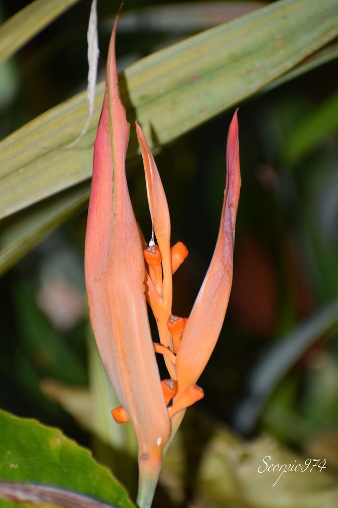 Nature, nature 974, Nature Réunion, nature de la Réunion, nature à la Réunion, flore introduite, flore introduite 974, flore introduite Réunion, flore introduite à la Réunion, flore introduite de la Réunion, flores introduites, flores introduites 974, flores introduites Réunion, flores introduites à la Réunion, flores introduites à la Réunion, fleur, fleur 974, fleur Réunion, fleur de la Réunion, fleur à la Réunion, fleur introduite, fleur introduite 974, fleur introduite Réunion, fleur introduite de la Réunion, fleur introduite à la Réunion, fleurs, fleurs 974, fleurs Réunion, fleurs de la Réunion, fleurs à la Réunion, fleur introduite, fleur introduite 974, fleur introduite Réunion, fleur introduite de la Réunion, fleur introduite à la Réunion, fleurs, fleurs 974, fleurs Réunion, fleurs de la Réunion, fleurs à la Réunion, fleurs introduites, fleurs introduites 974, fleurs introduites Réunion, fleurs introduites de la Réunion, fleur orange, fleur orange 974, fleur orange Réunion, fleur orange de la Réunion, fleur orange à la Réunion, fleurs oranges, fleurs oranges 974, fleurs oranges Réunion, fleurs oranges de la Réunion, fleurs oranges à la Réunion, fleur orange vif, fleur orange vif 974, fleur orange vif Réunion, fleur orange vif de la Réunion, fleur orange vif à la Réunion, fleurs oranges vifs, fleurs oranges vifs 974, fleurs oranges vifs Réunion, fleurs oranges vifs de la Réunion, fleurs oranges vifs, à la Réunion, fleur orange introduite, fleur orange introduite 974, fleur orange introduite Réunion, fleur orange introduite de la Réunion, fleur orange introduite à la Réunion, fleurs oranges introduites, fleurs oranges introduites 974, fleurs oranges introduites Réunion, fleurs oranges introduites de la Réunion, fleurs oranges introduites à la Réunion, fleur orange vif introduite, fleur orange vif introduite 974, fleur orange vif introduite Réunion, fleur orange vif introduite de la Réunion, fleur orange vif introduite à la Réunion, fleurs oranges vifs introduites, fleurs oranges vifs introduites 974, fleurs oranges vifs introduites Réunion, fleurs oranges vifs introduites de la Réunion, fleurs oranges vifs introduites à la Réunion, introduite, introduite 974, introduite Réunion, introduite de la Réunion, introduite à la Réunion, introduites, introduites 974, introduites Réunion, introduites à la Réunion, introduites de la Réunion, espèce introduite, espèce introduite 974, espèce introduite Réunion, espèce introduite de la Réunion, espèce introduite à la Réunion, espèces introduites, espèces introduites à la Réunion, espèces introduites 974, espèces introduites Réunion, espèces introduites de la Réunion, fleur orange commune, fleur orange commune 974, fleur orange commune Réunion, fleur orange commune de la Réunion, fleur orange commune à la Réunion, fleurs oranges communes, fleurs oranges communes 974, fleurs oranges communes Réunion, fleurs oranges communes de la Réunion, fleurs oranges communes à la Réunion, espèces florales, espèces florales 974, Réunion, espèces florales de la Réunion, espèces florales à la Réunion, espèce florale, espèce florale 974, Réunion, espèce florale de la Réunion, espèce florale à la Réunion, communs, communs Réunion, communs 974, communs de la Réunion, communs à la Réunion, commun, commun 974, commun Réunion, commun de la Réunion, commun à la Réunion, espèces florales introduites, espèces florales introduites 974, espèces florales introduites Réunion, espèces florales introduites de la Réunion, espèces florales introduites à la Réunion, espèce florale introduite, espèce florale introduite 974, espèce florale introduite Réunion, espèce florale introduite de la Réunion, espèce florale introduite à la Réunion, espèce cultivée, espèce cultivée 974, espèce cultivée Réunion, espèce cultivée de la Réunion, espèce cultivée à la Réunion, espèces cultivées, espèces cultivées 974, espèces cultivées Réunion, espèces cultivées de la Réunion, espèces cultivées à la Réunion, espèces florales cultivées, espèces florales cultivées Réunion, espèces florales cultivées de la Réunion, espèces florales cultivées à la Réunion, espèce florale cultivée, espèce florale cultivée 974, espèce florale cultivée Réunion, espèce florale cultivée de la Réunion, espèce florale ornemental, ornemental 974, ornemental Réunion, ornemental de la Réunion, ornemental à la Réunion, ornementales, ornementales 974, ornementales Réunion, ornementales de la Réunion, ornementales à la Réunion, espèce ornemental, espèce ornemental 974, espèce ornemental Réunion, espèce ornemental de la Réunion, espèce ornemental à la Réunion, espèces ornementales, espèces ornementales 974, espèces ornementales Réunion, espèces ornementales de la Réunion, espèces ornementales à la Réunion, flore magnifique, flore magnifique Réunion, flore magnifique de la Réunion, flore magnifique à la Réunion, espèces fleurs cultivées, espèces fleurs cultivées 974, espèces fleurs cultivées Réunion, espèces fleurs cultivées de la Réunion, espèces fleurs cultivées à la Réunion, espèce fleur cultivée, espèce fleur cultivée 974, espèce fleur cultivée Réunion, espèce fleur cultivée de la Réunion, espèce fleur cultivée à la Réunion, flore cultivées, flore cultivées 974, flore cultivées Réunion, flore cultivées de la Réunion, flore cultivées à la Réunion, fleur cultivée, fleur cultivée 974, fleur cultivée Réunion, fleur cultivée de la Réunion, fleur cultivée à la Réunion, fleurs cultivées, fleurs cultivées Réunion, fleurs cultivées de la Réunion, fleurs cultivées à la Réunion, cultivée à la Réunion, ornemental, ornemental 974, ornemental Réunion, ornemental de la Réunion, ornemental à la Réunion, ornementales, ornementales 974, ornementales Réunion, ornementales de la Réunion, ornementales à la Réunion, espèce ornemental, espèce ornemental 974, espèce ornemental Réunion, espèce ornemental de la Réunion, espèce ornemental à la Réunion, espèces ornementales, espèces ornementales 974, espèces ornementales Réunion, espèces ornementales de la Réunion, espèces ornementales à la Réunion, flore magnifique, flore magnifique Réunion, flore magnifique de la Réunion, flore magnifique à la Réunion, espèces fleurs cultivées, espèces fleurs cultivées 974, espèces fleurs cultivées Réunion, espèces fleurs cultivées de la Réunion, espèces fleurs cultivées à la Réunion, espèce fleur cultivée, espèce fleur cultivée 974, espèce fleur cultivée Réunion, espèce fleur cultivée de la Réunion, espèce fleur cultivée à la Réunion, flore cultivées, flore cultivées 974, flore cultivées Réunion, flore cultivées de la Réunion, flore cultivées à la Réunion, fleur cultivée, fleur cultivée 974, fleur cultivée Réunion, fleur cultivée de la Réunion, fleur cultivée à la Réunion, fleurs cultivées, fleurs cultivées Réunion, fleurs cultivées de la Réunion, fleurs cultivées à la Réunion, espèce cultivée,  espèce cultivée 974,  espèce cultivée Réunion,  espèce cultivée de la Réunion,  espèce cultivée à la Réunion, espèce cultivée pour sa qualité ornementale,  espèce cultivée pour sa qualité ornementale 974,  espèce cultivée pour sa qualité ornementale Réunion,  espèce cultivée pour sa qualité ornementale de la Réunion,  espèce cultivée pour sa qualité ornementale à la Réunion, Zingiberales, Zingiberales 974, Zingiberales Réunion, Zingiberales de la Réunion, Zingiberales à la Réunion, Heliconiaceae, Heliconiaceae 974, Heliconiaceae Réunion, Heliconiaceae de la Réunion, Heliconiaceae à la Réunion, Heliconia, Heliconia 974, Heliconia Réunion, Heliconia de la Réunion, Heliconia à la Réunion, Heliconia psittacorum, Heliconia psittacorum 974, Heliconia psittacorum Réunion, Heliconia psittacorum de la Réunion, Heliconia psittacorum à la Réunion, Heliconia psittacorum L.f., Heliconia psittacorum L.f. 974, Heliconia psittacorum L.f. Réunion, Heliconia psittacorum L.f. de la Réunion, Heliconia psittacorum L.f. à la Réunion, Heliconia psittacorum L.f. 1781, Heliconia psittacorum L.f. 1781 974, Heliconia psittacorum L.f. 1781 Réunion, Heliconia psittacorum L.f. 1781 de la Réunion, Heliconia psittacorum L.f. 1781 à la Réunion, Heliconia psittacorum (Retz., 1781), Heliconia psittacorum (Retz., 1781) 974, Heliconia psittacorum (Retz., 1781) Réunion, Heliconia psittacorum (Retz., 1781) à la Réunion, Conyza, Conyza 974, Conyza Réunion, Conyza de la Réunion, Conyza à la Réunion, Conyza albida, Conyza albida 974, Conyza albida Réunion, Conyza albida de la Réunion, Conyza albida à la Réunion, Conyza albida Willd. ex Spreng., Conyza albida Willd. ex Spreng. 974, Conyza albida Willd. ex Spreng. Réunion, Conyza albida Willd. ex Spreng. de la Réunion, Conyza albida Willd. ex Spreng. à la Réunion, Conyza albida Willd. ex Spreng. 1826, Conyza albida Willd. ex Spreng. 1826 974, Conyza albida Willd. ex Spreng. 1826 Réunion, Conyza albida Willd. ex Spreng. 1826 de la Réunion, Conyza albida Willd. ex Spreng. 1826 à la Réunion, Conyza albida (Willd. ex Spreng., 1826), Conyza albida (Willd. ex Spreng., 1826) 974, Conyza albida (Willd. ex Spreng., 1826) Réunion, Conyza albida (Willd. ex Spreng., 1826) à la Réunion, Conyza albida (Willd. ex Spreng., 1826) de la Réunion, Heliconia psittacorum (Retz., 1781) de la Réunion, Bihai, Bihai 974, Bihai Réunion, Bihai de la Réunion, Bihai à la Réunion, Bihai silvestris, Bihai silvestris 974, Bihai silvestris Réunion, Bihai silvestris de la Réunion, Bihai silvestris à la Réunion, Bihai silvestris Gleason, Bihai silvestris Gleason 974, Bihai silvestris Gleason Réunion, Bihai silvestris Gleason de la Réunion, Bihai silvestris Gleason à la Réunion, Heliconia cannoidea, Heliconia cannoidea 974, Heliconia cannoidea Réunion, Heliconia cannoidea de la Réunion, Heliconia cannoidea à la Réunion, Heliconia cannoidea Rich., Heliconia cannoidea Rich. 974, Heliconia cannoidea Rich. Réunion, Heliconia cannoidea Rich. à la Réunion, Heliconia cannoidea Rich. de la Réunion, Heliconia ballia, Heliconia ballia 974, Heliconia ballia Réunion, Heliconia ballia de la Réunion, Heliconia ballia à la Réunion, Heliconia ballia Rich., Heliconia ballia Rich. 974, Heliconia ballia Rich. Réunion, Heliconia ballia Rich. de la Réunion, Heliconia ballia Rich. à la Réunion, Heliconia ballia Rich. 1792, Heliconia ballia Rich. 1792 974, Heliconia ballia Rich. 1792 Réunion, Heliconia ballia Rich. 1792 de la Réunion, Heliconia ballia Rich. 1792 à la Réunion, Heliconia ballia (Rich., 1792), Heliconia ballia (Rich., 1792) 974, Heliconia ballia (Rich., 1792) Réunion, Heliconia ballia (Rich., 1792) à la Réunion, Heliconia ballia (Rich., 1792) de la Réunion, Heliconia brasiliensis var. concolor, Heliconia brasiliensis var. concolor 974, Heliconia brasiliensis var. concolor Réunion, Heliconia brasiliensis var. concolor de la Réunion, Heliconia brasiliensis var. concolor à la Réunion, Heliconia brasiliensis var. Concolor Petersen, Heliconia brasiliensis var. concolor Petersen 974, Heliconia brasiliensis var. concolor Petersen Réunion, Heliconia brasiliensis var. concolor Petersen de la Réunion, Heliconia brasiliensis var. concolor Petersen à la Réunion, Heliconia brasiliensis var. concolor Petersen 1890, Heliconia brasiliensis var. concolor Petersen 1890 974, Heliconia brasiliensis var. concolor Petersen 1890 Réunion, Heliconia brasiliensis var. concolor Petersen 1890 de la Réunion, Heliconia brasiliensis var. concolor Petersen 1890 à la Réunion, Heliconia brasiliensis var. concolor (Petersen, 1890), Heliconia brasiliensis var. concolor (Petersen, 1890) 974, Heliconia brasiliensis var. concolor (Petersen, 1890) Réunion, Heliconia brasiliensis var. concolor (Petersen, 1890) à la Réunion, Heliconia brasiliensis var. concolor (Petersen, 1890) de la Réunion, Heliconia hirsuta var. cannoidea, Heliconia hirsuta var. cannoidea 974, Heliconia hirsuta var. cannoidea Réunion, Heliconia hirsuta var. cannoidea de la Réunion, Heliconia hirsuta var. cannoidea à la Réunion, Heliconia hirsuta var. cannoidea (Rich.) Baker, Heliconia hirsuta var. cannoidea (Rich.) Baker 974, Heliconia hirsuta var. cannoidea (Rich.) Baker Réunion, Heliconia hirsuta var. cannoidea (Rich.) Baker de la Réunion, Heliconia hirsuta var. cannoidea (Rich.) Baker à la Réunion, Heliconia psittacorum var. schomburgkiana, Heliconia psittacorum var. schomburgkiana 974, Heliconia psittacorum var. schomburgkiana Réunion, Heliconia psittacorum var. schomburgkiana de la Réunion, Heliconia psittacorum var. schomburgkiana à la Réunion, Heliconia psittacorum var. schomburgkiana (Klotzsch) Baker, Heliconia psittacorum var. schomburgkiana (Klotzsch) Baker 974, Heliconia psittacorum var. schomburgkiana (Klotzsch) Baker Réunion, Heliconia psittacorum var. schomburgkiana (Klotzsch) Baker à la Réunion, Heliconia psittacorum var. schomburgkiana (Klotzsch) Baker de la Réunion, Heliconia humilis, Heliconia humilis 974, Heliconia humilis Réunion, Heliconia humilis de la Réunion, Heliconia humilis à la Réunion, Heliconia humilis (Aubl.) Jacq., Heliconia humilis (Aubl.) Jacq. 974, Heliconia humilis (Aubl.) Jacq. Réunion, Heliconia humilis (Aubl.) Jacq. de la Réunion, Heliconia humilis (Aubl.) Jacq. à la Réunion, Heliconia humilis (Aubl.) Jacq. 1797, Heliconia humilis (Aubl.) Jacq. 1797 974, Heliconia humilis (Aubl.) Jacq. 1797 Réunion, Heliconia humilis (Aubl.) Jacq. 1797 de la Réunion, Heliconia humilis (Aubl.) Jacq. 1797 à la Réunion, Heliconia humilis ((Aubl.) Jacq., 1797), Heliconia humilis ((Aubl.) Jacq., 1797) 974, Heliconia humilis ((Aubl.) Jacq., 1797) Réunion, Heliconia humilis ((Aubl.) Jacq., 1797) à la Réunion, Heliconia humilis ((Aubl.) Jacq., 1797) de la Réunion, Heliconia psittacorum var. rhizomatosa, Heliconia psittacorum var. rhizomatosa 974, Heliconia psittacorum var. rhizomatosa Réunion, Heliconia psittacorum var. rhizomatosa de la Réunion, Heliconia psittacorum var. rhizomatosa à la Réunion, Heliconia psittacorum var. rhizomatosa Aristeg., Heliconia psittacorum var. rhizomatosa Aristeg. 974, Heliconia psittacorum var. rhizomatosa Aristeg. Réunion, Heliconia psittacorum var. rhizomatosa Aristeg. de la Réunion, Heliconia psittacorum var. rhizomatosa Aristeg. à la Réunion, Heliconia psittacorum var. rhizomatosa Aristeg. 1961, Heliconia psittacorum var. rhizomatosa Aristeg. 1961 974, Heliconia psittacorum var. rhizomatosa Aristeg. 1961 Réunion, Heliconia psittacorum var. rhizomatosa Aristeg. 1961 de la Réunion, Heliconia psittacorum var. rhizomatosa Aristeg. 1961 à la Réunion, Heliconia psittacorum var. rhizomatosa (Aristeg., 1961), Heliconia psittacorum var. rhizomatosa (Aristeg., 1961) 974, Heliconia psittacorum var. rhizomatosa (Aristeg., 1961) Réunion, Heliconia psittacorum var. rhizomatosa (Aristeg., 1961) à la Réunion, Heliconia psittacorum var. rhizomatosa (Aristeg., 1961) de la Réunion, Heliconia schomburgkiana, Heliconia schomburgkiana 974, Heliconia schomburgkiana Réunion, Heliconia schomburgkiana de la Réunion, Heliconia schomburgkiana à la Réunion, Heliconia schomburgkiana Klotzsch, Heliconia schomburgkiana Klotzsch 974, Heliconia schomburgkiana Klotzsch Réunion, Heliconia schomburgkiana Klotzsch de la Réunion, Heliconia schomburgkiana Klotzsch à la Réunion, Heliconia schomburgkiana Klotzsch 1847, Heliconia schomburgkiana Klotzsch 1847 974, Heliconia schomburgkiana Klotzsch 1847 Réunion, Heliconia schomburgkiana Klotzsch 1847 de la Réunion, Heliconia schomburgkiana Klotzsch 1847 à la Réunion, Heliconia schomburgkiana (Klotzsch, 1847), Heliconia schomburgkiana (Klotzsch, 1847) 974, Heliconia schomburgkiana (Klotzsch, 1847) Réunion, Heliconia schomburgkiana (Klotzsch, 1847) à la Réunion, Heliconia schomburgkiana (Klotzsch, 1847) de la Réunion,  Heliconia silvestris, Heliconia silvestris 974, Heliconia silvestris Réunion, Heliconia silvestris de la Réunion, Heliconia silvestris à la Réunion, Heliconia silvestris (Gleason) L.B.Sm., Heliconia silvestris (Gleason) L.B.Sm. 974, Heliconia silvestris (Gleason) L.B.Sm. Réunion, Heliconia silvestris (Gleason) L.B.Sm. de la Réunion, Heliconia silvestris (Gleason) L.B.Sm. à la Réunion, Musa, Musa 974, Musa Réunion, Musa de la Réunion, Musa à la Réunion, ,  Musa humilis, Musa humilis 974, Musa humilis Réunion, Musa humilis de la Réunion, Musa humilis à la Réunion, Musa humilis humilis, Musa humilis humilis 974, Musa humilis humilis Réunion, Musa humilis humilis de la Réunion, Musa humilis humilis à la Réunion, Musa humilis humilis 1775, Musa humilis humilis 1775 974, Musa humilis humilis 1775 Réunion, Musa humilis humilis 1775 de la Réunion, Musa humilis humilis 1775 à la Réunion, Musa humilis (humilis, 1775), Musa humilis (humilis, 1775) 974, Musa humilis (humilis, 1775) Réunion, Musa humilis (humilis, 1775) à la Réunion, Musa humilis (humilis, 1775) de la Réunion, Sari ndzindzano mawa, Sari ndzindzano mawa 974, Sari ndzindzano mawa Réunion, Sari ndzindzano mawa de la Réunion, Sari ndzindzano mawa à la Réunion, Sari tamotamo, Sari tamotamo 974, Sari tamotamo Réunion, Sari tamotamo de la Réunion, Sari tamotamo à la Réunion, 