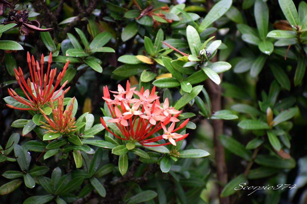 Nature, nature 974, nature Réunion, nature de la Réunion, nature à la Réunion, flore, flore 974, flore Réunion, flore de la Réunion, flore à la Réunion, flore introduite, flore introduite 974, flore introduite Réunion, flore introduite à la Réunion, flore introduite de la Réunion, flores introduites, flores introduites 974, flores introduites Réunion, flores introduites à la Réunion, flores introduites à la Réunion, fleur, fleur 974, fleur Réunion, fleur de la Réunion, fleur à la Réunion, fleur introduite, fleur introduite 974, fleur introduite Réunion, fleur introduite de la Réunion, fleur introduite à la Réunion, fleurs, fleurs 974, fleurs Réunion, fleurs de la Réunion, fleurs à la Réunion, fleur introduite, fleur introduite 974, fleur introduite Réunion, fleur introduite de la Réunion, fleur introduite à la Réunion, fleurs, fleurs 974, fleurs Réunion, fleurs de la Réunion, fleurs à la Réunion, fleurs introduites, fleurs introduites 974, fleurs introduites Réunion, fleurs introduites de la Réunion, fleur rouge, fleur rouge 974, fleur rouge Réunion, fleur rouge de la Réunion, fleur rouge à la Réunion, fleurs rouges, fleurs rouges 974, fleurs rouges Réunion, fleurs rouges de la Réunion, fleurs rouges à la Réunion, fleur rouge écarlate, fleur rouge écarlate 974, fleur rouge écarlate Réunion, fleur rouge écarlate de la Réunion, fleur rouge écarlate à la Réunion, fleurs rouges écarlates, fleurs rouges écarlates 974, fleurs rouges écarlates Réunion, fleurs rouges écarlates de la Réunion, fleurs rouges écarlates, à la Réunion, fleur rouge introduite, fleur rouge introduite 974, fleur rouge introduite Réunion, fleur rouge introduite de la Réunion, fleur rouge introduite à la Réunion, fleurs rouges introduites, fleurs rouges introduites 974, fleurs rouges introduites Réunion, fleurs rouges introduites de la Réunion, fleurs rouges introduites à la Réunion, fleur rouge écarlate introduite, fleur rouge écarlate introduite 974, fleur rouge écarlate introduite Réunion, fleur rouge écarlate introduite de la Réunion, fleur rouge écarlate introduite à la Réunion, fleurs rouges écarlates introduites, fleurs rouges écarlates introduites 974, fleurs rouges écarlates introduites Réunion, fleurs rouges écarlates introduites de la Réunion, fleurs rouges écarlates introduites à la Réunion, communs, communs Réunion, communs 974, communs de la Réunion, communs à la Réunion, commun, commun 974, commun Réunion, commun de la Réunion, commun à la Réunion, espèces florales introduites, espèces florales introduites 974, espèces florales introduites Réunion, espèces florales introduites de la Réunion, espèces florales introduites à la Réunion, espèce florale introduite, espèce florale introduite 974, espèce florale introduite Réunion, espèce florale introduite de la Réunion, espèce florale introduite à la Réunion, espèce ornementale à la Réunion, espèces ornementales, espèces ornementales 974, espèces ornementales Réunion, espèces ornementales de la Réunion, espèces ornementales à la Réunion, espèces florales ornementales, espèces florales ornementales Réunion, espèces florales ornementales de la Réunion, espèces florales ornementales à la Réunion, espèce florale ornementale, espèce florale ornementale 974, espèce florale ornementale Réunion, espèce florale ornementale de la Réunion, espèce florale ornementale à la Réunion, espèce florale cultivée à la Réunion, espèce florale cultivée, espèce florale cultivée 974, espèce florale cultivée Réunion, espèce florale cultivée de la Réunion, espèce florale cultivée à la Réunion, espèces florales cultivées, espèces florales cultivées 974, espèces florales cultivées Réunion, espèces florales cultivées de la Réunion, espèces florales cultivées à la Réunion,  arbuste espèce florale cultivée à la Réunion, arbuste espèce florale cultivée, arbuste espèce florale cultivée 974, arbuste espèce florale cultivée Réunion, arbuste espèce florale cultivée de la Réunion, arbuste espèce florale cultivée à la Réunion, arbustes espèces florales cultivées, arbustes espèces florales cultivées 974, arbustes espèces florales cultivées Réunion, arbustes espèces florales cultivées de la Réunion, arbustes espèces florales cultivées à la Réunion, arbuste cultivé à la Réunion, arbuste cultivé, arbuste cultivé 974, arbuste cultivé Réunion, arbuste cultivé de la Réunion, arbuste cultivé à la Réunion, arbustes cultivés, arbustes cultivés 974, arbustes cultivés Réunion, arbustes cultivés de la Réunion, arbustes cultivés à la Réunion, arbuste ornemental à la Réunion, arbuste ornemental, arbuste ornemental 974, arbuste ornemental Réunion, arbuste ornemental de la Réunion, arbuste ornemental à la Réunion, arbustes ornementaux, arbustes ornementaux 974, arbustes ornementaux Réunion, arbustes ornementaux de la Réunion, arbustes ornementaux à la Réunion, arbuste ornemental introduit à la Réunion, arbuste ornemental introduit, arbuste ornemental introduit 974, arbuste ornemental introduit Réunion, arbuste ornemental introduit de la Réunion, arbuste ornemental introduit à la Réunion, arbustes ornementaux introduits, arbustes ornementaux introduits 974, arbustes ornementaux introduits Réunion, arbustes ornementaux introduits de la Réunion, arbustes ornementaux introduits à la Réunion, espèces d'arbustes à fleurs rouges, espèces d'arbustes à fleurs rouges 974, espèces d'arbustes à fleurs rouges Réunion, espèces d'arbustes à fleurs rouges de la Réunion, espèces d'arbustes à fleurs rouges à la Réunion, espèce d'arbuste à fleurs rouges, espèce d'arbuste à fleurs rouges 974, espèce d'arbuste à fleurs rouges Réunion, espèce d'arbuste à fleurs rouges de la Réunion, espèce d'arbuste à fleurs rouges à la Réunion, arbuste, arbuste 974, arbuste Réunion, arbuste de la Réunion, arbuste à la Réunion, arbustes, arbustes 974, arbustes Réunion, arbustes de la Réunion, arbustes à la Réunion, espèce arbuste, espèce arbuste 974, espèce arbuste Réunion, espèce arbuste de la Réunion, espèce arbuste à la Réunion, espèces arbustes, espèces arbustes 974, espèces arbustes Réunion, espèces arbustes de la Réunion, espèces arbustes à la Réunion, flore magnifique, flore magnifique Réunion, flore magnifique de la Réunion, flore magnifique à la Réunion, espèces d'arbustes à fleurs rouges écarlates, espèces d'arbustes à fleurs rouges écarlates 974, espèces d'arbustes à fleurs rouges écarlates Réunion, espèces d'arbustes à fleurs rouges écarlates de la Réunion, espèces d'arbustes à fleurs rouges écarlates à la Réunion, arbuste à fleur rouge, arbuste à fleur rouge 974, arbuste à fleur rouge Réunion, arbuste à fleur rouge de la Réunion, arbuste à fleur rouge à la Réunion, flore rouges écarlates, flore rouges écarlates 974, flore rouges écarlates Réunion, flore rouges écarlates de la Réunion, flore rouges écarlates à la Réunion, fleur invasive, fleur invasive 974, fleur invasive Réunion, fleur invasive de la Réunion, fleur invasive à la Réunion, fleurs rouges écarlates, fleurs rouges écarlates Réunion, fleurs rouges écarlates de la Réunion, fleurs rouges écarlates à la Réunion, petite fleur, petite fleur 974, petite fleur Réunion, petite fleur de la Réunion, petite fleur à la Réunion, petite fleur introduite, petite fleur introduite 974, petite fleur introduite Réunion, petite fleur introduite de la Réunion, petite fleur introduite à la Réunion, petites fleurs, petites fleurs 974, petites fleurs Réunion, petites fleurs de la Réunion, petites fleurs à la Réunion, petite fleur introduite, petite fleur introduite 974, petite fleur introduite Réunion, petite fleur introduite de la Réunion, petite fleur introduite à la Réunion, petites fleurs, petites fleurs 974, petites fleurs Réunion, petites fleurs de la Réunion, petites fleurs à la Réunion, petites fleurs introduites, petites fleurs introduites 974, petites fleurs introduites Réunion, petites fleurs introduites de la Réunion, petite fleur rouge, petite fleur rouge 974, petite fleur rouge Réunion, petite fleur rouge de la Réunion, petite fleur rouge à la Réunion, petites fleurs rouges, petites fleurs rouges 974, petites fleurs rouges Réunion, petites fleurs rouges de la Réunion, petites fleurs rouges à la Réunion, petite fleur rouge pâle, petite fleur rouge pâle 974, petite fleur rouge pâle Réunion, petite fleur rouge pâle de la Réunion, petite fleur rouge pâle à la Réunion, petites fleurs rouges pâles, petites fleurs rouges pâles 974, petites fleurs rouges pâles Réunion, petites fleurs rouges pâles de la Réunion, petites fleurs rouges pâles, à la Réunion, petite fleur rouge introduite, petite fleur rouge introduite 974, petite fleur rouge introduite Réunion, petite fleur rouge introduite de la Réunion, petite fleur rouge introduite à la Réunion, petites fleurs rouges introduites, petites fleurs rouges introduites 974, petites fleurs rouges introduites Réunion, petites fleurs rouges introduites de la Réunion, petites fleurs rouges introduites à la Réunion, petite fleur rouge écarlate introduite, petite fleur rouge écarlate introduite 974, petite fleur rouge écarlate introduite Réunion, petite fleur rouge écarlate introduite de la Réunion, petite fleur rouge écarlate introduite à la Réunion, petites fleurs rouges écarlates introduites, petites fleurs rouges écarlates introduites 974, petites fleurs rouges écarlates introduites Réunion, petites fleurs rouges écarlates introduites de la Réunion, petites fleurs rouges écarlates introduites à la Réunion, Gentianales, Gentianales 974, Gentianales Réunion, Gentianales de la Réunion, Gentianales à la Réunion, Rubiaceae, Rubiaceae 974, Rubiaceae Réunion, Rubiaceae de la Réunion, Rubiaceae à la Réunion, Ixora, Ixora 974, Ixora Réunion, Ixora de la Réunion, Ixora à la Réunion, Ixora coccinea, Ixora coccinea 974, Ixora coccinea Réunion, Ixora coccinea de la Réunion, Ixora coccinea à la Réunion, Ixora coccinea L., Ixora coccinea L. 974, Ixora coccinea L. Réunion, Ixora coccinea L. de la Réunion, Ixora coccinea L. à la Réunion, Ixora coccinea L. 1810, Ixora coccinea L. 1810 974, Ixora coccinea L. 1810 Réunion, Ixora coccinea L. 1810 de la Réunion, Ixora coccinea L. 1810 à la Réunion, Ixora coccinea (L., 1810), Ixora coccinea (L., 1810) 974, Ixora coccinea (L., 1810) Réunion, Ixora coccinea (L., 1810) à la Réunion, Conyza, Conyza 974, Conyza Réunion, Conyza de la Réunion, Conyza à la Réunion, Conyza albida, Conyza albida 974, Conyza albida Réunion, Conyza albida de la Réunion, Conyza albida à la Réunion, Conyza albida Willd. ex Spreng., Conyza albida Willd. ex Spreng. 974, Conyza albida Willd. ex Spreng. Réunion, Conyza albida Willd. ex Spreng. de la Réunion, Conyza albida Willd. ex Spreng. à la Réunion, Conyza albida Willd. ex Spreng. 1753, Conyza albida Willd. ex Spreng. 1753 974, Conyza albida Willd. ex Spreng. 1753 Réunion, Conyza albida Willd. ex Spreng. 1753 de la Réunion, Conyza albida Willd. ex Spreng. 1753 à la Réunion, Conyza albida (Willd. ex Spreng., 1753), Conyza albida (Willd. ex Spreng., 1753) 974, Conyza albida (Willd. ex Spreng., 1753) Réunion, Conyza albida (Willd. ex Spreng., 1753) à la Réunion, Conyza albida (Willd. ex Spreng., 1753) de la Réunion, Ixora coccinea (L., 1753) de la Réunion, Ixora coccinea f. coccinea, Ixora coccinea f. coccinea 974, Ixora coccinea f. coccinea Réunion, Ixora coccinea f. coccinea de la Réunion, Ixora coccinea f. coccinea à la Réunion, Ixora coccinea f.lutea  (Hutch.) Fosberg & Sachet, Ixora coccinea f.lutea  (Hutch.) Fosberg & Sachet 974, Ixora coccinea f.lutea  (Hutch.) Fosberg & Sachet Réunion, Ixora coccinea f.lutea  (Hutch.) Fosberg & Sachet de la Réunion, Ixora coccinea f.lutea  (Hutch.) Fosberg & Sachet à la Réunion, Ixora coccinea f.lutea  (Hutch.) Fosberg & Sachet 1989, Ixora coccinea f.lutea  (Hutch.) Fosberg & Sachet 1989 974, Ixora coccinea f.lutea  (Hutch.) Fosberg & Sachet 1989 Réunion, Ixora coccinea f.lutea  (Hutch.) Fosberg & Sachet 1989 de la Réunion, Ixora coccinea f.lutea  (Hutch.) Fosberg & Sachet 1989 à la Réunion, Ixora coccinea f.lutea  ((Hutch.) Fosberg & Sachet, 1989), Ixora coccinea f.lutea  ((Hutch.) Fosberg & Sachet, 1989) 974, Ixora coccinea f.lutea  ((Hutch.) Fosberg & Sachet, 1989) Réunion, Ixora coccinea f.lutea  ((Hutch.) Fosberg & Sachet, 1989) à la Réunion, Ixora coccinea f.lutea  ((Hutch.) Fosberg & Sachet, 1989) de la Réunion, Ixora lutea, Ixora lutea 974, Ixora lutea Réunion, Ixora lutea de la Réunion, Ixora lutea à la Réunion, Ixora lutea Hutch., Ixora lutea Hutch. 974, Ixora lutea Hutch. Réunion, Ixora lutea Hutch. de la Réunion, Ixora lutea Hutch. à la Réunion, Ixora lutea Hutch. 1912, Ixora lutea Hutch. 1912 974, Ixora lutea Hutch. 1912 Réunion, Ixora lutea Hutch. 1912 de la Réunion, Ixora lutea Hutch. 1912 à la Réunion, Ixora lutea (Hutch., 1912), Ixora lutea (Hutch., 1912) 974, Ixora lutea (Hutch., 1912) Réunion, Ixora lutea (Hutch., 1912) à la Réunion, Ixora lutea (Hutch., 1912) de la Réunion, Hortensia du Japon, Hortensia du Japon 974, Hortensia du Japon Réunion, Hortensia du Japon de la Réunion, Hortensia du Japon à la Réunion,    Ixora bandhuca, Ixora bandhuca 974, Ixora bandhuca Réunion, Ixora bandhuca de la Réunion, Ixora bandhuca à la Réunion, Ixora bandhuca Roxb., Ixora bandhuca Roxb. 974, Ixora bandhuca Roxb. Réunion, Ixora bandhuca Roxb. de la Réunion, Ixora bandhuca Roxb. à la Réunion, Ixora eekhautii, Ixora eekhautii 974, Ixora eekhautii Réunion, Ixora eekhautii de la Réunion, Ixora eekhautii à la Réunion, Ixora eekhautii Gentil., Ixora eekhautii Gentil. 974, Ixora eekhautii Gentil. Réunion, Ixora eekhautii Gentil. à la Réunion, Ixora eekhautii Gentil. de la Réunion, Ixora fraseri Gentil., Ixora fraseri Gentil. 974, Ixora fraseri Gentil. Réunion, Ixora fraseri Gentil. de la Réunion, Ixora fraseri Gentil. à la Réunion, Ixora fraseri, Ixora fraseri 974, Ixora fraseri Réunion, Ixora fraseri de la Réunion, Ixora fraseri à la Réunion, Ixora grandiflora, Ixora grandiflora 974, Ixora grandiflora Réunion, Ixora grandiflora de la Réunion, Ixora grandiflora à la Réunion, Ixora grandiflora Ker Gawl., Ixora grandiflora Ker Gawl. 974, Ixora grandiflora Ker Gawl. Réunion, Ixora grandiflora Ker Gawl. à la Réunion, Ixora grandiflora Ker Gawl. de la Réunion, Ixora luthea, Ixora luthea 974, Ixora luthea Réunion, Ixora luthea de la Réunion, Ixora luthea à la Réunion, Ixora luthea Hutch., Ixora luthea Hutch. 974, Ixora luthea Hutch. Réunion, Ixora luthea Hutch. de la Réunion, Ixora luthea Hutch. à la Réunion, Ixora montana, Ixora montana 974, Ixora montana Réunion, Ixora montana de la Réunion, Ixora montana à la Réunion, Ixora montana Lour., Ixora montana Lour. 974, Ixora montana Lour. Réunion, Ixora montana Lour. à la Réunion, Ixora montana Lour. de la Réunion, Ixora morsei, Ixora morsei 974, Ixora morsei Réunion, Ixora morsei de la Réunion, Ixora morsei à la Réunion, Ixora morsei Gentil., Ixora morsei Gentil. 974, Ixora morsei Gentil. Réunion, Ixora morsei Gentil. de la Réunion, Ixora morsei Gentil. à la Réunion, Ixora obovata, Ixora obovata 974, Ixora obovata Réunion, Ixora obovata de la Réunion, Ixora obovata à la Réunion, Ixora obovata B.Heyne ex Roth., Ixora obovata B.Heyne ex Roth. 974, Ixora obovata B.Heyne ex Roth. Réunion, Ixora obovata B.Heyne ex Roth. à la Réunion, Ixora obovata B.Heyne ex Roth. de la Réunion, Pavetta, Pavetta 974, Pavetta Réunion, Pavetta de la Réunion, Pavetta à la Réunion, Ixora propinqua, Ixora propinqua 974, Ixora propinqua Réunion, Ixora propinqua de la Réunion, Ixora propinqua à la Réunion, Ixora propinqua R.Br. ec G.Don., Ixora propinqua R.Br. ec G.Don. 974, Ixora propinqua R.Br. ec G.Don. Réunion, Ixora propinqua R.Br. ec G.Don. de la Réunion, Ixora propinqua R.Br. ec G.Don. à la Réunion, Ixora purpurea, Ixora purpurea 974, Ixora purpurea Réunion, Ixora purpurea de la Réunion, Ixora purpurea à la Réunion, Ixora purpurea Fish. ex Loudon., Ixora purpurea Fish. ex Loudon. 974, Ixora purpurea Fish. ex Loudon. Réunion, Ixora purpurea Fish. ex Loudon. à la Réunion, Ixora purpurea Fish. ex Loudon. de la Réunion, Ixora thomeana, Ixora thomeana 974, Ixora thomeana Réunion, Ixora thomeana de la Réunion, Ixora thomeana à la Réunion, Ixora thomeana (K.Schum.) G.Taylor., Ixora thomeana (K.Schum.) G.Taylor. 974, Ixora thomeana (K.Schum.) G.Taylor. Réunion, Ixora thomeana (K.Schum.) G.Taylor. de la Réunion, Ixora thomeana (K.Schum.) G.Taylor. à la Réunion, Pavetta coccinea, Pavetta coccinea 974, Pavetta coccinea Réunion, Pavetta coccinea de la Réunion, Pavetta coccinea à la Réunion, Pavetta coccinea (L.) Blume, Pavetta coccinea (L.) Blume 974, Pavetta coccinea (L.) Blume Réunion, Pavetta coccinea (L.) Blume à la Réunion, Pavetta coccinea (L.) Blume de la Réunion, Pavetta bandhuca, Pavetta bandhuca 974, Pavetta bandhuca Réunion, Pavetta bandhuca de la Réunion, Pavetta bandhuca à la Réunion, Pavetta bandhuca Miq., Pavetta bandhuca Miq. 974, Pavetta bandhuca Miq. Réunion, Pavetta bandhuca Miq. de la Réunion, Pavetta bandhuca Miq. à la Réunion, Pavetta rubra, Pavetta rubra 974, Pavetta rubra Réunion, Pavetta rubra de la Réunion, Pavetta rubra à la Réunion, Pavetta rubra Norontha, Pavetta rubra Norontha 974, Pavetta rubra Norontha Réunion, Pavetta rubra Norontha à la Réunion, Pavetta rubra Norontha de la Réunion, Ixora écarlate, Ixora écarlate 974, Ixora écarlate Réunion, Ixora écarlate de la Réunion, Ixora écarlate à la Réunion,