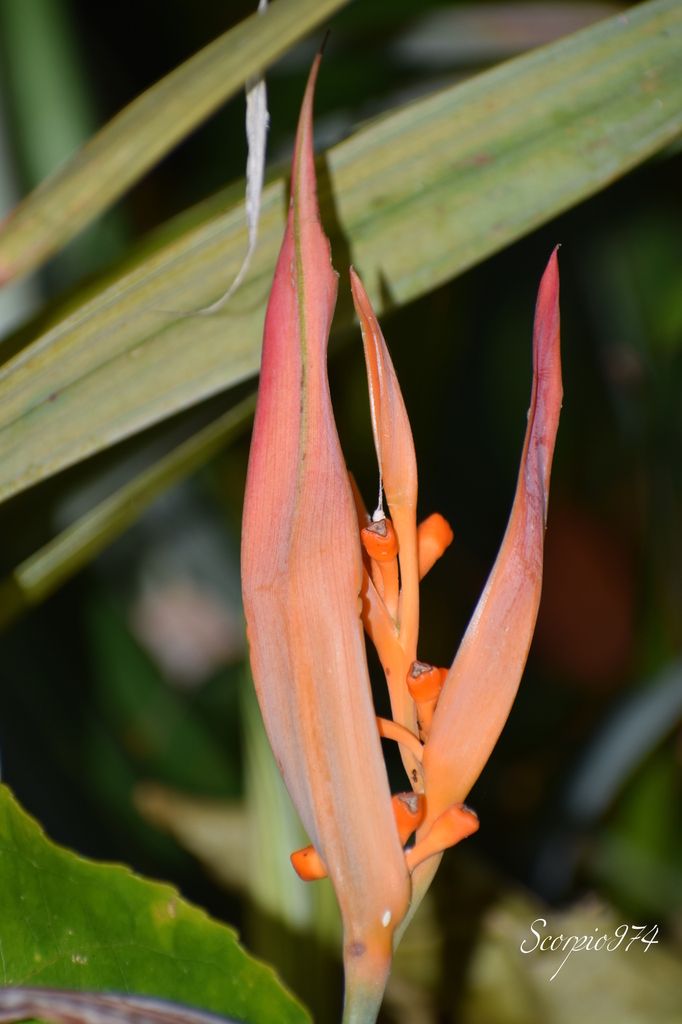 Nature, nature 974, Nature Réunion, nature de la Réunion, nature à la Réunion, flore introduite, flore introduite 974, flore introduite Réunion, flore introduite à la Réunion, flore introduite de la Réunion, flores introduites, flores introduites 974, flores introduites Réunion, flores introduites à la Réunion, flores introduites à la Réunion, fleur, fleur 974, fleur Réunion, fleur de la Réunion, fleur à la Réunion, fleur introduite, fleur introduite 974, fleur introduite Réunion, fleur introduite de la Réunion, fleur introduite à la Réunion, fleurs, fleurs 974, fleurs Réunion, fleurs de la Réunion, fleurs à la Réunion, fleur introduite, fleur introduite 974, fleur introduite Réunion, fleur introduite de la Réunion, fleur introduite à la Réunion, fleurs, fleurs 974, fleurs Réunion, fleurs de la Réunion, fleurs à la Réunion, fleurs introduites, fleurs introduites 974, fleurs introduites Réunion, fleurs introduites de la Réunion, fleur orange, fleur orange 974, fleur orange Réunion, fleur orange de la Réunion, fleur orange à la Réunion, fleurs oranges, fleurs oranges 974, fleurs oranges Réunion, fleurs oranges de la Réunion, fleurs oranges à la Réunion, fleur orange vif, fleur orange vif 974, fleur orange vif Réunion, fleur orange vif de la Réunion, fleur orange vif à la Réunion, fleurs oranges vifs, fleurs oranges vifs 974, fleurs oranges vifs Réunion, fleurs oranges vifs de la Réunion, fleurs oranges vifs, à la Réunion, fleur orange introduite, fleur orange introduite 974, fleur orange introduite Réunion, fleur orange introduite de la Réunion, fleur orange introduite à la Réunion, fleurs oranges introduites, fleurs oranges introduites 974, fleurs oranges introduites Réunion, fleurs oranges introduites de la Réunion, fleurs oranges introduites à la Réunion, fleur orange vif introduite, fleur orange vif introduite 974, fleur orange vif introduite Réunion, fleur orange vif introduite de la Réunion, fleur orange vif introduite à la Réunion, fleurs oranges vifs introduites, fleurs oranges vifs introduites 974, fleurs oranges vifs introduites Réunion, fleurs oranges vifs introduites de la Réunion, fleurs oranges vifs introduites à la Réunion, introduite, introduite 974, introduite Réunion, introduite de la Réunion, introduite à la Réunion, introduites, introduites 974, introduites Réunion, introduites à la Réunion, introduites de la Réunion, espèce introduite, espèce introduite 974, espèce introduite Réunion, espèce introduite de la Réunion, espèce introduite à la Réunion, espèces introduites, espèces introduites à la Réunion, espèces introduites 974, espèces introduites Réunion, espèces introduites de la Réunion, fleur orange commune, fleur orange commune 974, fleur orange commune Réunion, fleur orange commune de la Réunion, fleur orange commune à la Réunion, fleurs oranges communes, fleurs oranges communes 974, fleurs oranges communes Réunion, fleurs oranges communes de la Réunion, fleurs oranges communes à la Réunion, espèces florales, espèces florales 974, Réunion, espèces florales de la Réunion, espèces florales à la Réunion, espèce florale, espèce florale 974, Réunion, espèce florale de la Réunion, espèce florale à la Réunion, communs, communs Réunion, communs 974, communs de la Réunion, communs à la Réunion, commun, commun 974, commun Réunion, commun de la Réunion, commun à la Réunion, espèces florales introduites, espèces florales introduites 974, espèces florales introduites Réunion, espèces florales introduites de la Réunion, espèces florales introduites à la Réunion, espèce florale introduite, espèce florale introduite 974, espèce florale introduite Réunion, espèce florale introduite de la Réunion, espèce florale introduite à la Réunion, espèce cultivée, espèce cultivée 974, espèce cultivée Réunion, espèce cultivée de la Réunion, espèce cultivée à la Réunion, espèces cultivées, espèces cultivées 974, espèces cultivées Réunion, espèces cultivées de la Réunion, espèces cultivées à la Réunion, espèces florales cultivées, espèces florales cultivées Réunion, espèces florales cultivées de la Réunion, espèces florales cultivées à la Réunion, espèce florale cultivée, espèce florale cultivée 974, espèce florale cultivée Réunion, espèce florale cultivée de la Réunion, espèce florale ornemental, ornemental 974, ornemental Réunion, ornemental de la Réunion, ornemental à la Réunion, ornementales, ornementales 974, ornementales Réunion, ornementales de la Réunion, ornementales à la Réunion, espèce ornemental, espèce ornemental 974, espèce ornemental Réunion, espèce ornemental de la Réunion, espèce ornemental à la Réunion, espèces ornementales, espèces ornementales 974, espèces ornementales Réunion, espèces ornementales de la Réunion, espèces ornementales à la Réunion, flore magnifique, flore magnifique Réunion, flore magnifique de la Réunion, flore magnifique à la Réunion, espèces fleurs cultivées, espèces fleurs cultivées 974, espèces fleurs cultivées Réunion, espèces fleurs cultivées de la Réunion, espèces fleurs cultivées à la Réunion, espèce fleur cultivée, espèce fleur cultivée 974, espèce fleur cultivée Réunion, espèce fleur cultivée de la Réunion, espèce fleur cultivée à la Réunion, flore cultivées, flore cultivées 974, flore cultivées Réunion, flore cultivées de la Réunion, flore cultivées à la Réunion, fleur cultivée, fleur cultivée 974, fleur cultivée Réunion, fleur cultivée de la Réunion, fleur cultivée à la Réunion, fleurs cultivées, fleurs cultivées Réunion, fleurs cultivées de la Réunion, fleurs cultivées à la Réunion, cultivée à la Réunion, ornemental, ornemental 974, ornemental Réunion, ornemental de la Réunion, ornemental à la Réunion, ornementales, ornementales 974, ornementales Réunion, ornementales de la Réunion, ornementales à la Réunion, espèce ornemental, espèce ornemental 974, espèce ornemental Réunion, espèce ornemental de la Réunion, espèce ornemental à la Réunion, espèces ornementales, espèces ornementales 974, espèces ornementales Réunion, espèces ornementales de la Réunion, espèces ornementales à la Réunion, flore magnifique, flore magnifique Réunion, flore magnifique de la Réunion, flore magnifique à la Réunion, espèces fleurs cultivées, espèces fleurs cultivées 974, espèces fleurs cultivées Réunion, espèces fleurs cultivées de la Réunion, espèces fleurs cultivées à la Réunion, espèce fleur cultivée, espèce fleur cultivée 974, espèce fleur cultivée Réunion, espèce fleur cultivée de la Réunion, espèce fleur cultivée à la Réunion, flore cultivées, flore cultivées 974, flore cultivées Réunion, flore cultivées de la Réunion, flore cultivées à la Réunion, fleur cultivée, fleur cultivée 974, fleur cultivée Réunion, fleur cultivée de la Réunion, fleur cultivée à la Réunion, fleurs cultivées, fleurs cultivées Réunion, fleurs cultivées de la Réunion, fleurs cultivées à la Réunion, espèce cultivée,  espèce cultivée 974,  espèce cultivée Réunion,  espèce cultivée de la Réunion,  espèce cultivée à la Réunion, espèce cultivée pour sa qualité ornementale,  espèce cultivée pour sa qualité ornementale 974,  espèce cultivée pour sa qualité ornementale Réunion,  espèce cultivée pour sa qualité ornementale de la Réunion,  espèce cultivée pour sa qualité ornementale à la Réunion, Zingiberales, Zingiberales 974, Zingiberales Réunion, Zingiberales de la Réunion, Zingiberales à la Réunion, Heliconiaceae, Heliconiaceae 974, Heliconiaceae Réunion, Heliconiaceae de la Réunion, Heliconiaceae à la Réunion, Heliconia, Heliconia 974, Heliconia Réunion, Heliconia de la Réunion, Heliconia à la Réunion, Heliconia psittacorum, Heliconia psittacorum 974, Heliconia psittacorum Réunion, Heliconia psittacorum de la Réunion, Heliconia psittacorum à la Réunion, Heliconia psittacorum L.f., Heliconia psittacorum L.f. 974, Heliconia psittacorum L.f. Réunion, Heliconia psittacorum L.f. de la Réunion, Heliconia psittacorum L.f. à la Réunion, Heliconia psittacorum L.f. 1781, Heliconia psittacorum L.f. 1781 974, Heliconia psittacorum L.f. 1781 Réunion, Heliconia psittacorum L.f. 1781 de la Réunion, Heliconia psittacorum L.f. 1781 à la Réunion, Heliconia psittacorum (Retz., 1781), Heliconia psittacorum (Retz., 1781) 974, Heliconia psittacorum (Retz., 1781) Réunion, Heliconia psittacorum (Retz., 1781) à la Réunion, Conyza, Conyza 974, Conyza Réunion, Conyza de la Réunion, Conyza à la Réunion, Conyza albida, Conyza albida 974, Conyza albida Réunion, Conyza albida de la Réunion, Conyza albida à la Réunion, Conyza albida Willd. ex Spreng., Conyza albida Willd. ex Spreng. 974, Conyza albida Willd. ex Spreng. Réunion, Conyza albida Willd. ex Spreng. de la Réunion, Conyza albida Willd. ex Spreng. à la Réunion, Conyza albida Willd. ex Spreng. 1826, Conyza albida Willd. ex Spreng. 1826 974, Conyza albida Willd. ex Spreng. 1826 Réunion, Conyza albida Willd. ex Spreng. 1826 de la Réunion, Conyza albida Willd. ex Spreng. 1826 à la Réunion, Conyza albida (Willd. ex Spreng., 1826), Conyza albida (Willd. ex Spreng., 1826) 974, Conyza albida (Willd. ex Spreng., 1826) Réunion, Conyza albida (Willd. ex Spreng., 1826) à la Réunion, Conyza albida (Willd. ex Spreng., 1826) de la Réunion, Heliconia psittacorum (Retz., 1781) de la Réunion, Bihai, Bihai 974, Bihai Réunion, Bihai de la Réunion, Bihai à la Réunion, Bihai silvestris, Bihai silvestris 974, Bihai silvestris Réunion, Bihai silvestris de la Réunion, Bihai silvestris à la Réunion, Bihai silvestris Gleason, Bihai silvestris Gleason 974, Bihai silvestris Gleason Réunion, Bihai silvestris Gleason de la Réunion, Bihai silvestris Gleason à la Réunion, Heliconia cannoidea, Heliconia cannoidea 974, Heliconia cannoidea Réunion, Heliconia cannoidea de la Réunion, Heliconia cannoidea à la Réunion, Heliconia cannoidea Rich., Heliconia cannoidea Rich. 974, Heliconia cannoidea Rich. Réunion, Heliconia cannoidea Rich. à la Réunion, Heliconia cannoidea Rich. de la Réunion, Heliconia ballia, Heliconia ballia 974, Heliconia ballia Réunion, Heliconia ballia de la Réunion, Heliconia ballia à la Réunion, Heliconia ballia Rich., Heliconia ballia Rich. 974, Heliconia ballia Rich. Réunion, Heliconia ballia Rich. de la Réunion, Heliconia ballia Rich. à la Réunion, Heliconia ballia Rich. 1792, Heliconia ballia Rich. 1792 974, Heliconia ballia Rich. 1792 Réunion, Heliconia ballia Rich. 1792 de la Réunion, Heliconia ballia Rich. 1792 à la Réunion, Heliconia ballia (Rich., 1792), Heliconia ballia (Rich., 1792) 974, Heliconia ballia (Rich., 1792) Réunion, Heliconia ballia (Rich., 1792) à la Réunion, Heliconia ballia (Rich., 1792) de la Réunion, Heliconia brasiliensis var. concolor, Heliconia brasiliensis var. concolor 974, Heliconia brasiliensis var. concolor Réunion, Heliconia brasiliensis var. concolor de la Réunion, Heliconia brasiliensis var. concolor à la Réunion, Heliconia brasiliensis var. Concolor Petersen, Heliconia brasiliensis var. concolor Petersen 974, Heliconia brasiliensis var. concolor Petersen Réunion, Heliconia brasiliensis var. concolor Petersen de la Réunion, Heliconia brasiliensis var. concolor Petersen à la Réunion, Heliconia brasiliensis var. concolor Petersen 1890, Heliconia brasiliensis var. concolor Petersen 1890 974, Heliconia brasiliensis var. concolor Petersen 1890 Réunion, Heliconia brasiliensis var. concolor Petersen 1890 de la Réunion, Heliconia brasiliensis var. concolor Petersen 1890 à la Réunion, Heliconia brasiliensis var. concolor (Petersen, 1890), Heliconia brasiliensis var. concolor (Petersen, 1890) 974, Heliconia brasiliensis var. concolor (Petersen, 1890) Réunion, Heliconia brasiliensis var. concolor (Petersen, 1890) à la Réunion, Heliconia brasiliensis var. concolor (Petersen, 1890) de la Réunion, Heliconia hirsuta var. cannoidea, Heliconia hirsuta var. cannoidea 974, Heliconia hirsuta var. cannoidea Réunion, Heliconia hirsuta var. cannoidea de la Réunion, Heliconia hirsuta var. cannoidea à la Réunion, Heliconia hirsuta var. cannoidea (Rich.) Baker, Heliconia hirsuta var. cannoidea (Rich.) Baker 974, Heliconia hirsuta var. cannoidea (Rich.) Baker Réunion, Heliconia hirsuta var. cannoidea (Rich.) Baker de la Réunion, Heliconia hirsuta var. cannoidea (Rich.) Baker à la Réunion, Heliconia psittacorum var. schomburgkiana, Heliconia psittacorum var. schomburgkiana 974, Heliconia psittacorum var. schomburgkiana Réunion, Heliconia psittacorum var. schomburgkiana de la Réunion, Heliconia psittacorum var. schomburgkiana à la Réunion, Heliconia psittacorum var. schomburgkiana (Klotzsch) Baker, Heliconia psittacorum var. schomburgkiana (Klotzsch) Baker 974, Heliconia psittacorum var. schomburgkiana (Klotzsch) Baker Réunion, Heliconia psittacorum var. schomburgkiana (Klotzsch) Baker à la Réunion, Heliconia psittacorum var. schomburgkiana (Klotzsch) Baker de la Réunion, Heliconia humilis, Heliconia humilis 974, Heliconia humilis Réunion, Heliconia humilis de la Réunion, Heliconia humilis à la Réunion, Heliconia humilis (Aubl.) Jacq., Heliconia humilis (Aubl.) Jacq. 974, Heliconia humilis (Aubl.) Jacq. Réunion, Heliconia humilis (Aubl.) Jacq. de la Réunion, Heliconia humilis (Aubl.) Jacq. à la Réunion, Heliconia humilis (Aubl.) Jacq. 1797, Heliconia humilis (Aubl.) Jacq. 1797 974, Heliconia humilis (Aubl.) Jacq. 1797 Réunion, Heliconia humilis (Aubl.) Jacq. 1797 de la Réunion, Heliconia humilis (Aubl.) Jacq. 1797 à la Réunion, Heliconia humilis ((Aubl.) Jacq., 1797), Heliconia humilis ((Aubl.) Jacq., 1797) 974, Heliconia humilis ((Aubl.) Jacq., 1797) Réunion, Heliconia humilis ((Aubl.) Jacq., 1797) à la Réunion, Heliconia humilis ((Aubl.) Jacq., 1797) de la Réunion, Heliconia psittacorum var. rhizomatosa, Heliconia psittacorum var. rhizomatosa 974, Heliconia psittacorum var. rhizomatosa Réunion, Heliconia psittacorum var. rhizomatosa de la Réunion, Heliconia psittacorum var. rhizomatosa à la Réunion, Heliconia psittacorum var. rhizomatosa Aristeg., Heliconia psittacorum var. rhizomatosa Aristeg. 974, Heliconia psittacorum var. rhizomatosa Aristeg. Réunion, Heliconia psittacorum var. rhizomatosa Aristeg. de la Réunion, Heliconia psittacorum var. rhizomatosa Aristeg. à la Réunion, Heliconia psittacorum var. rhizomatosa Aristeg. 1961, Heliconia psittacorum var. rhizomatosa Aristeg. 1961 974, Heliconia psittacorum var. rhizomatosa Aristeg. 1961 Réunion, Heliconia psittacorum var. rhizomatosa Aristeg. 1961 de la Réunion, Heliconia psittacorum var. rhizomatosa Aristeg. 1961 à la Réunion, Heliconia psittacorum var. rhizomatosa (Aristeg., 1961), Heliconia psittacorum var. rhizomatosa (Aristeg., 1961) 974, Heliconia psittacorum var. rhizomatosa (Aristeg., 1961) Réunion, Heliconia psittacorum var. rhizomatosa (Aristeg., 1961) à la Réunion, Heliconia psittacorum var. rhizomatosa (Aristeg., 1961) de la Réunion, Heliconia schomburgkiana, Heliconia schomburgkiana 974, Heliconia schomburgkiana Réunion, Heliconia schomburgkiana de la Réunion, Heliconia schomburgkiana à la Réunion, Heliconia schomburgkiana Klotzsch, Heliconia schomburgkiana Klotzsch 974, Heliconia schomburgkiana Klotzsch Réunion, Heliconia schomburgkiana Klotzsch de la Réunion, Heliconia schomburgkiana Klotzsch à la Réunion, Heliconia schomburgkiana Klotzsch 1847, Heliconia schomburgkiana Klotzsch 1847 974, Heliconia schomburgkiana Klotzsch 1847 Réunion, Heliconia schomburgkiana Klotzsch 1847 de la Réunion, Heliconia schomburgkiana Klotzsch 1847 à la Réunion, Heliconia schomburgkiana (Klotzsch, 1847), Heliconia schomburgkiana (Klotzsch, 1847) 974, Heliconia schomburgkiana (Klotzsch, 1847) Réunion, Heliconia schomburgkiana (Klotzsch, 1847) à la Réunion, Heliconia schomburgkiana (Klotzsch, 1847) de la Réunion,  Heliconia silvestris, Heliconia silvestris 974, Heliconia silvestris Réunion, Heliconia silvestris de la Réunion, Heliconia silvestris à la Réunion, Heliconia silvestris (Gleason) L.B.Sm., Heliconia silvestris (Gleason) L.B.Sm. 974, Heliconia silvestris (Gleason) L.B.Sm. Réunion, Heliconia silvestris (Gleason) L.B.Sm. de la Réunion, Heliconia silvestris (Gleason) L.B.Sm. à la Réunion, Musa, Musa 974, Musa Réunion, Musa de la Réunion, Musa à la Réunion, ,  Musa humilis, Musa humilis 974, Musa humilis Réunion, Musa humilis de la Réunion, Musa humilis à la Réunion, Musa humilis humilis, Musa humilis humilis 974, Musa humilis humilis Réunion, Musa humilis humilis de la Réunion, Musa humilis humilis à la Réunion, Musa humilis humilis 1775, Musa humilis humilis 1775 974, Musa humilis humilis 1775 Réunion, Musa humilis humilis 1775 de la Réunion, Musa humilis humilis 1775 à la Réunion, Musa humilis (humilis, 1775), Musa humilis (humilis, 1775) 974, Musa humilis (humilis, 1775) Réunion, Musa humilis (humilis, 1775) à la Réunion, Musa humilis (humilis, 1775) de la Réunion, Sari ndzindzano mawa, Sari ndzindzano mawa 974, Sari ndzindzano mawa Réunion, Sari ndzindzano mawa de la Réunion, Sari ndzindzano mawa à la Réunion, Sari tamotamo, Sari tamotamo 974, Sari tamotamo Réunion, Sari tamotamo de la Réunion, Sari tamotamo à la Réunion, 
