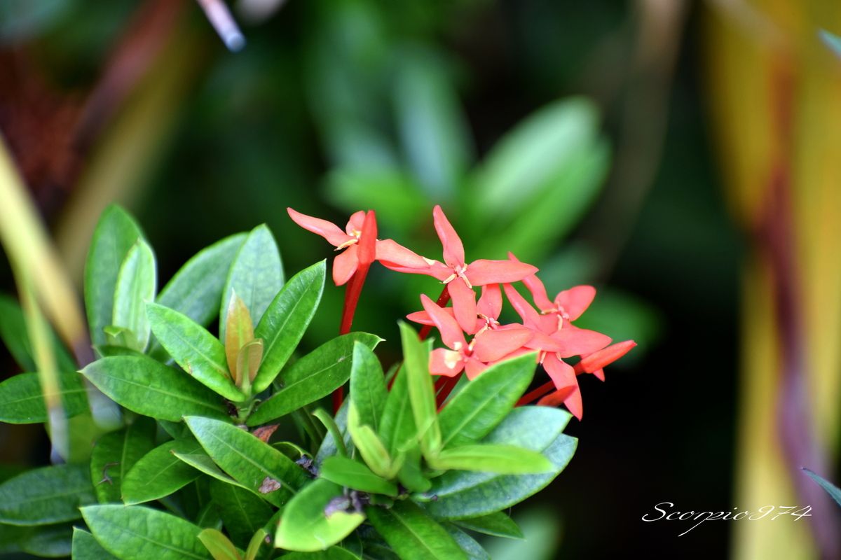 Nature, nature 974, nature Réunion, nature de la Réunion, nature à la Réunion, flore, flore 974, flore Réunion, flore de la Réunion, flore à la Réunion, flore introduite, flore introduite 974, flore introduite Réunion, flore introduite à la Réunion, flore introduite de la Réunion, flores introduites, flores introduites 974, flores introduites Réunion, flores introduites à la Réunion, flores introduites à la Réunion, fleur, fleur 974, fleur Réunion, fleur de la Réunion, fleur à la Réunion, fleur introduite, fleur introduite 974, fleur introduite Réunion, fleur introduite de la Réunion, fleur introduite à la Réunion, fleurs, fleurs 974, fleurs Réunion, fleurs de la Réunion, fleurs à la Réunion, fleur introduite, fleur introduite 974, fleur introduite Réunion, fleur introduite de la Réunion, fleur introduite à la Réunion, fleurs, fleurs 974, fleurs Réunion, fleurs de la Réunion, fleurs à la Réunion, fleurs introduites, fleurs introduites 974, fleurs introduites Réunion, fleurs introduites de la Réunion, fleur rouge, fleur rouge 974, fleur rouge Réunion, fleur rouge de la Réunion, fleur rouge à la Réunion, fleurs rouges, fleurs rouges 974, fleurs rouges Réunion, fleurs rouges de la Réunion, fleurs rouges à la Réunion, fleur rouge écarlate, fleur rouge écarlate 974, fleur rouge écarlate Réunion, fleur rouge écarlate de la Réunion, fleur rouge écarlate à la Réunion, fleurs rouges écarlates, fleurs rouges écarlates 974, fleurs rouges écarlates Réunion, fleurs rouges écarlates de la Réunion, fleurs rouges écarlates, à la Réunion, fleur rouge introduite, fleur rouge introduite 974, fleur rouge introduite Réunion, fleur rouge introduite de la Réunion, fleur rouge introduite à la Réunion, fleurs rouges introduites, fleurs rouges introduites 974, fleurs rouges introduites Réunion, fleurs rouges introduites de la Réunion, fleurs rouges introduites à la Réunion, fleur rouge écarlate introduite, fleur rouge écarlate introduite 974, fleur rouge écarlate introduite Réunion, fleur rouge écarlate introduite de la Réunion, fleur rouge écarlate introduite à la Réunion, fleurs rouges écarlates introduites, fleurs rouges écarlates introduites 974, fleurs rouges écarlates introduites Réunion, fleurs rouges écarlates introduites de la Réunion, fleurs rouges écarlates introduites à la Réunion, communs, communs Réunion, communs 974, communs de la Réunion, communs à la Réunion, commun, commun 974, commun Réunion, commun de la Réunion, commun à la Réunion, espèces florales introduites, espèces florales introduites 974, espèces florales introduites Réunion, espèces florales introduites de la Réunion, espèces florales introduites à la Réunion, espèce florale introduite, espèce florale introduite 974, espèce florale introduite Réunion, espèce florale introduite de la Réunion, espèce florale introduite à la Réunion, espèce ornementale à la Réunion, espèces ornementales, espèces ornementales 974, espèces ornementales Réunion, espèces ornementales de la Réunion, espèces ornementales à la Réunion, espèces florales ornementales, espèces florales ornementales Réunion, espèces florales ornementales de la Réunion, espèces florales ornementales à la Réunion, espèce florale ornementale, espèce florale ornementale 974, espèce florale ornementale Réunion, espèce florale ornementale de la Réunion, espèce florale ornementale à la Réunion, espèce florale cultivée à la Réunion, espèce florale cultivée, espèce florale cultivée 974, espèce florale cultivée Réunion, espèce florale cultivée de la Réunion, espèce florale cultivée à la Réunion, espèces florales cultivées, espèces florales cultivées 974, espèces florales cultivées Réunion, espèces florales cultivées de la Réunion, espèces florales cultivées à la Réunion,  arbuste espèce florale cultivée à la Réunion, arbuste espèce florale cultivée, arbuste espèce florale cultivée 974, arbuste espèce florale cultivée Réunion, arbuste espèce florale cultivée de la Réunion, arbuste espèce florale cultivée à la Réunion, arbustes espèces florales cultivées, arbustes espèces florales cultivées 974, arbustes espèces florales cultivées Réunion, arbustes espèces florales cultivées de la Réunion, arbustes espèces florales cultivées à la Réunion, arbuste cultivé à la Réunion, arbuste cultivé, arbuste cultivé 974, arbuste cultivé Réunion, arbuste cultivé de la Réunion, arbuste cultivé à la Réunion, arbustes cultivés, arbustes cultivés 974, arbustes cultivés Réunion, arbustes cultivés de la Réunion, arbustes cultivés à la Réunion, arbuste ornemental à la Réunion, arbuste ornemental, arbuste ornemental 974, arbuste ornemental Réunion, arbuste ornemental de la Réunion, arbuste ornemental à la Réunion, arbustes ornementaux, arbustes ornementaux 974, arbustes ornementaux Réunion, arbustes ornementaux de la Réunion, arbustes ornementaux à la Réunion, arbuste ornemental introduit à la Réunion, arbuste ornemental introduit, arbuste ornemental introduit 974, arbuste ornemental introduit Réunion, arbuste ornemental introduit de la Réunion, arbuste ornemental introduit à la Réunion, arbustes ornementaux introduits, arbustes ornementaux introduits 974, arbustes ornementaux introduits Réunion, arbustes ornementaux introduits de la Réunion, arbustes ornementaux introduits à la Réunion, espèces d'arbustes à fleurs rouges, espèces d'arbustes à fleurs rouges 974, espèces d'arbustes à fleurs rouges Réunion, espèces d'arbustes à fleurs rouges de la Réunion, espèces d'arbustes à fleurs rouges à la Réunion, espèce d'arbuste à fleurs rouges, espèce d'arbuste à fleurs rouges 974, espèce d'arbuste à fleurs rouges Réunion, espèce d'arbuste à fleurs rouges de la Réunion, espèce d'arbuste à fleurs rouges à la Réunion, arbuste, arbuste 974, arbuste Réunion, arbuste de la Réunion, arbuste à la Réunion, arbustes, arbustes 974, arbustes Réunion, arbustes de la Réunion, arbustes à la Réunion, espèce arbuste, espèce arbuste 974, espèce arbuste Réunion, espèce arbuste de la Réunion, espèce arbuste à la Réunion, espèces arbustes, espèces arbustes 974, espèces arbustes Réunion, espèces arbustes de la Réunion, espèces arbustes à la Réunion, flore magnifique, flore magnifique Réunion, flore magnifique de la Réunion, flore magnifique à la Réunion, espèces d'arbustes à fleurs rouges écarlates, espèces d'arbustes à fleurs rouges écarlates 974, espèces d'arbustes à fleurs rouges écarlates Réunion, espèces d'arbustes à fleurs rouges écarlates de la Réunion, espèces d'arbustes à fleurs rouges écarlates à la Réunion, arbuste à fleur rouge, arbuste à fleur rouge 974, arbuste à fleur rouge Réunion, arbuste à fleur rouge de la Réunion, arbuste à fleur rouge à la Réunion, flore rouges écarlates, flore rouges écarlates 974, flore rouges écarlates Réunion, flore rouges écarlates de la Réunion, flore rouges écarlates à la Réunion, fleur invasive, fleur invasive 974, fleur invasive Réunion, fleur invasive de la Réunion, fleur invasive à la Réunion, fleurs rouges écarlates, fleurs rouges écarlates Réunion, fleurs rouges écarlates de la Réunion, fleurs rouges écarlates à la Réunion, petite fleur, petite fleur 974, petite fleur Réunion, petite fleur de la Réunion, petite fleur à la Réunion, petite fleur introduite, petite fleur introduite 974, petite fleur introduite Réunion, petite fleur introduite de la Réunion, petite fleur introduite à la Réunion, petites fleurs, petites fleurs 974, petites fleurs Réunion, petites fleurs de la Réunion, petites fleurs à la Réunion, petite fleur introduite, petite fleur introduite 974, petite fleur introduite Réunion, petite fleur introduite de la Réunion, petite fleur introduite à la Réunion, petites fleurs, petites fleurs 974, petites fleurs Réunion, petites fleurs de la Réunion, petites fleurs à la Réunion, petites fleurs introduites, petites fleurs introduites 974, petites fleurs introduites Réunion, petites fleurs introduites de la Réunion, petite fleur rouge, petite fleur rouge 974, petite fleur rouge Réunion, petite fleur rouge de la Réunion, petite fleur rouge à la Réunion, petites fleurs rouges, petites fleurs rouges 974, petites fleurs rouges Réunion, petites fleurs rouges de la Réunion, petites fleurs rouges à la Réunion, petite fleur rouge pâle, petite fleur rouge pâle 974, petite fleur rouge pâle Réunion, petite fleur rouge pâle de la Réunion, petite fleur rouge pâle à la Réunion, petites fleurs rouges pâles, petites fleurs rouges pâles 974, petites fleurs rouges pâles Réunion, petites fleurs rouges pâles de la Réunion, petites fleurs rouges pâles, à la Réunion, petite fleur rouge introduite, petite fleur rouge introduite 974, petite fleur rouge introduite Réunion, petite fleur rouge introduite de la Réunion, petite fleur rouge introduite à la Réunion, petites fleurs rouges introduites, petites fleurs rouges introduites 974, petites fleurs rouges introduites Réunion, petites fleurs rouges introduites de la Réunion, petites fleurs rouges introduites à la Réunion, petite fleur rouge écarlate introduite, petite fleur rouge écarlate introduite 974, petite fleur rouge écarlate introduite Réunion, petite fleur rouge écarlate introduite de la Réunion, petite fleur rouge écarlate introduite à la Réunion, petites fleurs rouges écarlates introduites, petites fleurs rouges écarlates introduites 974, petites fleurs rouges écarlates introduites Réunion, petites fleurs rouges écarlates introduites de la Réunion, petites fleurs rouges écarlates introduites à la Réunion, Gentianales, Gentianales 974, Gentianales Réunion, Gentianales de la Réunion, Gentianales à la Réunion, Rubiaceae, Rubiaceae 974, Rubiaceae Réunion, Rubiaceae de la Réunion, Rubiaceae à la Réunion, Ixora, Ixora 974, Ixora Réunion, Ixora de la Réunion, Ixora à la Réunion, Ixora coccinea, Ixora coccinea 974, Ixora coccinea Réunion, Ixora coccinea de la Réunion, Ixora coccinea à la Réunion, Ixora coccinea L., Ixora coccinea L. 974, Ixora coccinea L. Réunion, Ixora coccinea L. de la Réunion, Ixora coccinea L. à la Réunion, Ixora coccinea L. 1810, Ixora coccinea L. 1810 974, Ixora coccinea L. 1810 Réunion, Ixora coccinea L. 1810 de la Réunion, Ixora coccinea L. 1810 à la Réunion, Ixora coccinea (L., 1810), Ixora coccinea (L., 1810) 974, Ixora coccinea (L., 1810) Réunion, Ixora coccinea (L., 1810) à la Réunion, Conyza, Conyza 974, Conyza Réunion, Conyza de la Réunion, Conyza à la Réunion, Conyza albida, Conyza albida 974, Conyza albida Réunion, Conyza albida de la Réunion, Conyza albida à la Réunion, Conyza albida Willd. ex Spreng., Conyza albida Willd. ex Spreng. 974, Conyza albida Willd. ex Spreng. Réunion, Conyza albida Willd. ex Spreng. de la Réunion, Conyza albida Willd. ex Spreng. à la Réunion, Conyza albida Willd. ex Spreng. 1753, Conyza albida Willd. ex Spreng. 1753 974, Conyza albida Willd. ex Spreng. 1753 Réunion, Conyza albida Willd. ex Spreng. 1753 de la Réunion, Conyza albida Willd. ex Spreng. 1753 à la Réunion, Conyza albida (Willd. ex Spreng., 1753), Conyza albida (Willd. ex Spreng., 1753) 974, Conyza albida (Willd. ex Spreng., 1753) Réunion, Conyza albida (Willd. ex Spreng., 1753) à la Réunion, Conyza albida (Willd. ex Spreng., 1753) de la Réunion, Ixora coccinea (L., 1753) de la Réunion, Ixora coccinea f. coccinea, Ixora coccinea f. coccinea 974, Ixora coccinea f. coccinea Réunion, Ixora coccinea f. coccinea de la Réunion, Ixora coccinea f. coccinea à la Réunion, Ixora coccinea f.lutea  (Hutch.) Fosberg & Sachet, Ixora coccinea f.lutea  (Hutch.) Fosberg & Sachet 974, Ixora coccinea f.lutea  (Hutch.) Fosberg & Sachet Réunion, Ixora coccinea f.lutea  (Hutch.) Fosberg & Sachet de la Réunion, Ixora coccinea f.lutea  (Hutch.) Fosberg & Sachet à la Réunion, Ixora coccinea f.lutea  (Hutch.) Fosberg & Sachet 1989, Ixora coccinea f.lutea  (Hutch.) Fosberg & Sachet 1989 974, Ixora coccinea f.lutea  (Hutch.) Fosberg & Sachet 1989 Réunion, Ixora coccinea f.lutea  (Hutch.) Fosberg & Sachet 1989 de la Réunion, Ixora coccinea f.lutea  (Hutch.) Fosberg & Sachet 1989 à la Réunion, Ixora coccinea f.lutea  ((Hutch.) Fosberg & Sachet, 1989), Ixora coccinea f.lutea  ((Hutch.) Fosberg & Sachet, 1989) 974, Ixora coccinea f.lutea  ((Hutch.) Fosberg & Sachet, 1989) Réunion, Ixora coccinea f.lutea  ((Hutch.) Fosberg & Sachet, 1989) à la Réunion, Ixora coccinea f.lutea  ((Hutch.) Fosberg & Sachet, 1989) de la Réunion, Ixora lutea, Ixora lutea 974, Ixora lutea Réunion, Ixora lutea de la Réunion, Ixora lutea à la Réunion, Ixora lutea Hutch., Ixora lutea Hutch. 974, Ixora lutea Hutch. Réunion, Ixora lutea Hutch. de la Réunion, Ixora lutea Hutch. à la Réunion, Ixora lutea Hutch. 1912, Ixora lutea Hutch. 1912 974, Ixora lutea Hutch. 1912 Réunion, Ixora lutea Hutch. 1912 de la Réunion, Ixora lutea Hutch. 1912 à la Réunion, Ixora lutea (Hutch., 1912), Ixora lutea (Hutch., 1912) 974, Ixora lutea (Hutch., 1912) Réunion, Ixora lutea (Hutch., 1912) à la Réunion, Ixora lutea (Hutch., 1912) de la Réunion, Hortensia du Japon, Hortensia du Japon 974, Hortensia du Japon Réunion, Hortensia du Japon de la Réunion, Hortensia du Japon à la Réunion,    Ixora bandhuca, Ixora bandhuca 974, Ixora bandhuca Réunion, Ixora bandhuca de la Réunion, Ixora bandhuca à la Réunion, Ixora bandhuca Roxb., Ixora bandhuca Roxb. 974, Ixora bandhuca Roxb. Réunion, Ixora bandhuca Roxb. de la Réunion, Ixora bandhuca Roxb. à la Réunion, Ixora eekhautii, Ixora eekhautii 974, Ixora eekhautii Réunion, Ixora eekhautii de la Réunion, Ixora eekhautii à la Réunion, Ixora eekhautii Gentil., Ixora eekhautii Gentil. 974, Ixora eekhautii Gentil. Réunion, Ixora eekhautii Gentil. à la Réunion, Ixora eekhautii Gentil. de la Réunion, Ixora fraseri Gentil., Ixora fraseri Gentil. 974, Ixora fraseri Gentil. Réunion, Ixora fraseri Gentil. de la Réunion, Ixora fraseri Gentil. à la Réunion, Ixora fraseri, Ixora fraseri 974, Ixora fraseri Réunion, Ixora fraseri de la Réunion, Ixora fraseri à la Réunion, Ixora grandiflora, Ixora grandiflora 974, Ixora grandiflora Réunion, Ixora grandiflora de la Réunion, Ixora grandiflora à la Réunion, Ixora grandiflora Ker Gawl., Ixora grandiflora Ker Gawl. 974, Ixora grandiflora Ker Gawl. Réunion, Ixora grandiflora Ker Gawl. à la Réunion, Ixora grandiflora Ker Gawl. de la Réunion, Ixora luthea, Ixora luthea 974, Ixora luthea Réunion, Ixora luthea de la Réunion, Ixora luthea à la Réunion, Ixora luthea Hutch., Ixora luthea Hutch. 974, Ixora luthea Hutch. Réunion, Ixora luthea Hutch. de la Réunion, Ixora luthea Hutch. à la Réunion, Ixora montana, Ixora montana 974, Ixora montana Réunion, Ixora montana de la Réunion, Ixora montana à la Réunion, Ixora montana Lour., Ixora montana Lour. 974, Ixora montana Lour. Réunion, Ixora montana Lour. à la Réunion, Ixora montana Lour. de la Réunion, Ixora morsei, Ixora morsei 974, Ixora morsei Réunion, Ixora morsei de la Réunion, Ixora morsei à la Réunion, Ixora morsei Gentil., Ixora morsei Gentil. 974, Ixora morsei Gentil. Réunion, Ixora morsei Gentil. de la Réunion, Ixora morsei Gentil. à la Réunion, Ixora obovata, Ixora obovata 974, Ixora obovata Réunion, Ixora obovata de la Réunion, Ixora obovata à la Réunion, Ixora obovata B.Heyne ex Roth., Ixora obovata B.Heyne ex Roth. 974, Ixora obovata B.Heyne ex Roth. Réunion, Ixora obovata B.Heyne ex Roth. à la Réunion, Ixora obovata B.Heyne ex Roth. de la Réunion, Pavetta, Pavetta 974, Pavetta Réunion, Pavetta de la Réunion, Pavetta à la Réunion, Ixora propinqua, Ixora propinqua 974, Ixora propinqua Réunion, Ixora propinqua de la Réunion, Ixora propinqua à la Réunion, Ixora propinqua R.Br. ec G.Don., Ixora propinqua R.Br. ec G.Don. 974, Ixora propinqua R.Br. ec G.Don. Réunion, Ixora propinqua R.Br. ec G.Don. de la Réunion, Ixora propinqua R.Br. ec G.Don. à la Réunion, Ixora purpurea, Ixora purpurea 974, Ixora purpurea Réunion, Ixora purpurea de la Réunion, Ixora purpurea à la Réunion, Ixora purpurea Fish. ex Loudon., Ixora purpurea Fish. ex Loudon. 974, Ixora purpurea Fish. ex Loudon. Réunion, Ixora purpurea Fish. ex Loudon. à la Réunion, Ixora purpurea Fish. ex Loudon. de la Réunion, Ixora thomeana, Ixora thomeana 974, Ixora thomeana Réunion, Ixora thomeana de la Réunion, Ixora thomeana à la Réunion, Ixora thomeana (K.Schum.) G.Taylor., Ixora thomeana (K.Schum.) G.Taylor. 974, Ixora thomeana (K.Schum.) G.Taylor. Réunion, Ixora thomeana (K.Schum.) G.Taylor. de la Réunion, Ixora thomeana (K.Schum.) G.Taylor. à la Réunion, Pavetta coccinea, Pavetta coccinea 974, Pavetta coccinea Réunion, Pavetta coccinea de la Réunion, Pavetta coccinea à la Réunion, Pavetta coccinea (L.) Blume, Pavetta coccinea (L.) Blume 974, Pavetta coccinea (L.) Blume Réunion, Pavetta coccinea (L.) Blume à la Réunion, Pavetta coccinea (L.) Blume de la Réunion, Pavetta bandhuca, Pavetta bandhuca 974, Pavetta bandhuca Réunion, Pavetta bandhuca de la Réunion, Pavetta bandhuca à la Réunion, Pavetta bandhuca Miq., Pavetta bandhuca Miq. 974, Pavetta bandhuca Miq. Réunion, Pavetta bandhuca Miq. de la Réunion, Pavetta bandhuca Miq. à la Réunion, Pavetta rubra, Pavetta rubra 974, Pavetta rubra Réunion, Pavetta rubra de la Réunion, Pavetta rubra à la Réunion, Pavetta rubra Norontha, Pavetta rubra Norontha 974, Pavetta rubra Norontha Réunion, Pavetta rubra Norontha à la Réunion, Pavetta rubra Norontha de la Réunion, Ixora écarlate, Ixora écarlate 974, Ixora écarlate Réunion, Ixora écarlate de la Réunion, Ixora écarlate à la Réunion,