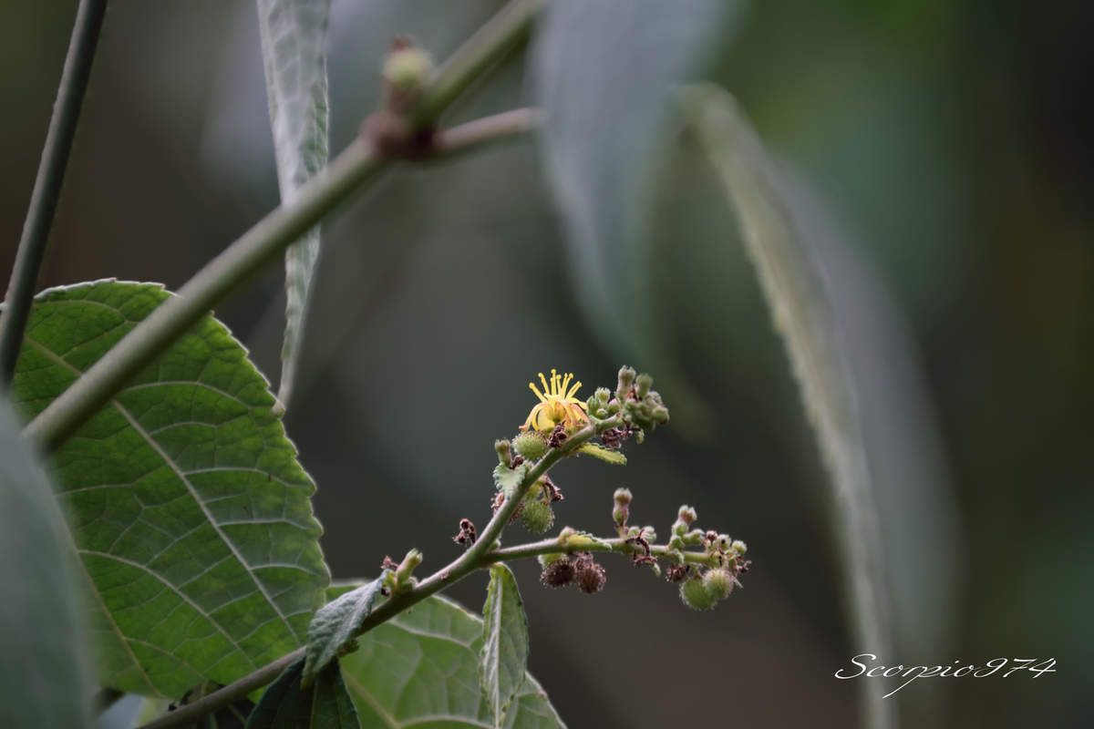 Nature, nature 974, Nature Réunion, nature de la Réunion, nature à la Réunion, flore introduite, flore introduite 974, flore introduite Réunion, flore introduite à la Réunion, flore introduite de la Réunion, flores introduites, flores introduites 974, flores introduites Réunion, flores introduites à la Réunion, flores introduites à la Réunion, fleur, fleur 974, fleur Réunion, fleur de la Réunion, fleur à la Réunion, Akène, Akène 974, Akène Réunion, Akène de la Réunion, Akène à la Réunion, Akène jaune, Akène jaune 974, Akène jaune Réunion, Akène jaune de la Réunion, Akène à la Réunion, fleur introduite, fleur introduite 974, fleur introduite Réunion, fleur introduite de la Réunion, fleur introduite à la Réunion, fleurs, fleurs 974, fleurs Réunion, fleurs de la Réunion, fleurs à la Réunion, fleur introduite, fleur introduite 974, fleur introduite Réunion, fleur introduite de la Réunion, fleur introduite à la Réunion, fleurs, fleurs 974, fleurs Réunion, fleurs de la Réunion, fleurs à la Réunion, fleurs introduites, fleurs introduites 974, fleurs introduites Réunion, fleurs introduites de la Réunion, fleur jaune, fleur jaune 974, fleur jaune Réunion, fleur jaune de la Réunion, fleur jaune à la Réunion, fleurs jaunes, fleurs jaunes 974, fleurs jaunes Réunion, fleurs jaunes de la Réunion, fleurs jaunes à la Réunion, fleur jaune vif, fleur jaune vif 974, fleur jaune vif Réunion, fleur jaune vif de la Réunion, fleur jaune vif à la Réunion, fleurs jaunes vifs, fleurs jaunes vifs 974, fleurs jaunes vifs Réunion, fleurs jaunes vifs de la Réunion, fleurs jaunes vifs, à la Réunion, fleur jaune introduite, fleur jaune introduite 974, fleur jaune introduite Réunion, fleur jaune introduite de la Réunion, fleur jaune introduite à la Réunion, fleurs jaunes introduites, fleurs jaunes introduites 974, fleurs jaunes introduites Réunion, fleurs jaunes introduites de la Réunion, fleurs jaunes introduites à la Réunion, fleur jaune vif introduite, fleur jaune vif introduite 974, fleur jaune vif introduite Réunion, fleur jaune vif introduite de la Réunion, fleur jaune vif introduite à la Réunion, fleurs jaunes vifs introduites, fleurs jaunes vifs introduites 974, fleurs jaunes vifs introduites Réunion, fleurs jaunes vifs introduites de la Réunion, fleurs jaunes vifs introduites à la Réunion, introduite, introduite 974, introduite Réunion, introduite de la Réunion, introduite à la Réunion, introduites, introduites 974, introduites Réunion, introduites à la Réunion, introduites de la Réunion, espèce introduite, espèce introduite 974, espèce introduite Réunion, espèce introduite de la Réunion, espèce introduite à la Réunion, espèces introduites, espèces introduites à la Réunion, espèces introduites 974, espèces introduites Réunion, espèces introduites de la Réunion, fleur jaune commune, fleur jaune commune 974, fleur jaune commune Réunion, fleur jaune commune de la Réunion, fleur jaune commune à la Réunion, fleurs jaunes communes, fleurs jaunes communes 974, fleurs jaunes communes Réunion, fleurs jaunes communes de la Réunion, fleurs jaunes communes à la Réunion, espèces florales, espèces florales 974, Réunion, espèces florales de la Réunion, espèces florales à la Réunion, espèce florale, espèce florale 974, Réunion, espèce florale de la Réunion, espèce florale à la Réunion, communs, communs Réunion, communs 974, communs de la Réunion, communs à la Réunion, commun, commun 974, commun Réunion, commun de la Réunion, commun à la Réunion, espèces florales introduites, espèces florales introduites 974, espèces florales introduites Réunion, espèces florales introduites de la Réunion, espèces florales introduites à la Réunion, espèce florale introduite, espèce florale introduite 974, espèce florale introduite Réunion, espèce florale introduite de la Réunion, espèce florale introduite à la Réunion, espèce invasive, espèce invasive 974, espèce invasive Réunion, espèce invasive de la Réunion, espèce invasive à la Réunion, espèces invasives, espèces invasives 974, espèces invasives Réunion, espèces invasives de la Réunion, espèces invasives à la Réunion, espèces florales invasives, espèces florales invasives Réunion, espèces florales invasives de la Réunion, espèces florales invasives à la Réunion, espèce florale invasive, espèce florale invasive 974, espèce florale invasive Réunion, espèce florale invasive de la Réunion, espèces de fleurs invasives, espèces de fleurs invasives 974, espèces de fleurs invasives Réunion, espèces de fleurs invasives de la Réunion, espèces de fleurs invasives à la Réunion, espèce de fleur invasive, espèce de fleur invasive 974, espèce de fleur invasive Réunion, espèce de fleur invasive de la Réunion, espèce de fleur invasive à la Réunion, nuisible, nuisible 974, nuisible Réunion, nuisible de la Réunion, nuisible à la Réunion, nuisibles, nuisibles 974, nuisibles Réunion, nuisibles de la Réunion, nuisibles à la Réunion, espèce nuisible, espèce nuisible 974, espèce nuisible Réunion, espèce nuisible de la Réunion, espèce nuisible à la Réunion, espèces nuisibles, espèces nuisibles 974, espèces nuisibles Réunion, espèces nuisibles de la Réunion, espèces nuisibles à la Réunion, flore magnifique, flore magnifique Réunion, flore magnifique de la Réunion, flore magnifique à la Réunion, espèces fleurs invasives, espèces fleurs invasives 974, espèces fleurs invasives Réunion, espèces fleurs invasives de la Réunion, espèces fleurs invasives à la Réunion, espèce fleur invasive, espèce fleur invasive 974, espèce fleur invasive Réunion, espèce fleur invasive de la Réunion, espèce fleur invasive à la Réunion, flore invasives, flore invasives 974, flore invasives Réunion, flore invasives de la Réunion, flore invasives à la Réunion, fleur invasive, fleur invasive 974, fleur invasive Réunion, fleur invasive de la Réunion, fleur invasive à la Réunion, fleurs invasives, fleurs invasives Réunion, fleurs invasives de la Réunion, fleurs invasives à la Réunion, petite fleur, petite fleur 974, petite fleur Réunion, petite fleur de la Réunion, petite fleur à la Réunion, petite fleur introduite, petite fleur introduite 974, petite fleur introduite Réunion, petite fleur introduite de la Réunion, petite fleur introduite à la Réunion, petites fleurs, petites fleurs 974, petites fleurs Réunion, petites fleurs de la Réunion, petites fleurs à la Réunion, petite fleur introduite, petite fleur introduite 974, petite fleur introduite Réunion, petite fleur introduite de la Réunion, petite fleur introduite à la Réunion, petites fleurs, petites fleurs 974, petites fleurs Réunion, petites fleurs de la Réunion, petites fleurs à la Réunion, petites fleurs introduites, petites fleurs introduites 974, petites fleurs introduites Réunion, petites fleurs introduites de la Réunion, petite fleur jaune, petite fleur jaune 974, petite fleur jaune Réunion, petite fleur jaune de la Réunion, petite fleur jaune à la Réunion, petites fleurs jaunes, petites fleurs jaunes 974, petites fleurs jaunes Réunion, petites fleurs jaunes de la Réunion, petites fleurs jaunes à la Réunion, petite fleur jaune vif, petite fleur jaune vif 974, petite fleur jaune vif Réunion, petite fleur jaune vif de la Réunion, petite fleur jaune vif à la Réunion, petites fleurs jaunes vifs, petites fleurs jaunes vifs 974, petites fleurs jaunes vifs Réunion, petites fleurs jaunes vifs de la Réunion, petites fleurs jaunes vifs, à la Réunion, petite fleur jaune introduite, petite fleur jaune introduite 974, petite fleur jaune introduite Réunion, petite fleur jaune introduite de la Réunion, petite fleur jaune introduite à la Réunion, petites fleurs jaunes introduites, petites fleurs jaunes introduites 974, petites fleurs jaunes introduites Réunion, petites fleurs jaunes introduites de la Réunion, petites fleurs jaunes introduites à la Réunion, petite fleur jaune vif introduite, petite fleur jaune vif introduite 974, petite fleur jaune vif introduite Réunion, petite fleur jaune vif introduite de la Réunion, petite fleur jaune vif introduite à la Réunion, petites fleurs jaunes vifs introduites, petites fleurs jaunes vifs introduites 974, petites fleurs jaunes vifs introduites Réunion, petites fleurs jaunes vifs introduites de la Réunion, petites fleurs jaunes vifs introduites à la Réunion,  espèces de petites fleurs invasives, espèces de petites fleurs invasives 974, espèces de petites fleurs invasives Réunion, espèces de petites fleurs invasives de la Réunion, espèces de petites fleurs invasives à la Réunion, espèce de petite fleur invasive, espèce de petite fleur invasive 974, espèce de petite fleur invasive Réunion, espèce de petite fleur invasive de la Réunion, espèce de petite fleur invasive à la Réunion, espèces petites fleurs invasives, espèces petites fleurs invasives 974, espèces petites fleurs invasives Réunion, espèces petites fleurs invasives de la Réunion, espèces petites fleurs invasives à la Réunion, espèce petite fleur invasive, espèce petite fleur invasive 974, espèce petite fleur invasive Réunion, espèce petite fleur invasive de la Réunion, espèce petite fleur invasive à la Réunion, petite fleur invasive, petite fleur invasive 974, petite fleur invasive Réunion, petite fleur invasive de la Réunion, petite fleur invasive à la Réunion, petites fleurs invasives, petites fleurs invasives Réunion, petites fleurs invasives de la Réunion, petites fleurs invasives à la Réunion, ,  flore introduite, flore introduite 974, flore introduite Réunion, flore introduite à la Réunion, flore introduite de la Réunion, flores introduites, flores introduites 974, flores introduites Réunion, flores introduites à la Réunion, flores introduites à la Réunion, fleur, fleur 974, fleur Réunion, fleur de la Réunion, fleur à la Réunion, fleur introduite, fleur introduite 974, fleur introduite Réunion, fleur introduite de la Réunion, fleur introduite à la Réunion, fleurs, fleurs 974, fleurs Réunion, fleurs de la Réunion, fleurs à la Réunion, fleur introduite, fleur introduite 974, fleur introduite Réunion, fleur introduite de la Réunion, fleur introduite à la Réunion, fleurs, fleurs 974, fleurs Réunion, fleurs de la Réunion, fleurs à la Réunion, fleurs introduites, fleurs introduites 974, fleurs introduites Réunion, fleurs introduites de la Réunion, fleur jaune, fleur jaune 974, fleur jaune Réunion, fleur jaune de la Réunion, fleur jaune à la Réunion, fleurs jaunes, fleurs jaunes 974, fleurs jaunes Réunion, fleurs jaunes de la Réunion, fleurs jaunes à la Réunion, fleur jaune vif, fleur jaune vif 974, fleur jaune vif Réunion, fleur jaune vif de la Réunion, fleur jaune vif à la Réunion, fleurs jaunes vifs, fleurs jaunes vifs 974, fleurs jaunes vifs Réunion, fleurs jaunes vifs de la Réunion, fleurs jaunes vifs, à la Réunion, fleur jaune introduite, fleur jaune introduite 974, fleur jaune introduite Réunion, fleur jaune introduite de la Réunion, fleur jaune introduite à la Réunion, fleurs jaunes introduites, fleurs jaunes introduites 974, fleurs jaunes introduites Réunion, fleurs jaunes introduites de la Réunion, fleurs jaunes introduites à la Réunion, fleur jaune vif introduite, fleur jaune vif introduite 974, fleur jaune vif introduite Réunion, fleur jaune vif introduite de la Réunion, fleur jaune vif introduite à la Réunion, fleurs jaunes vifs introduites, fleurs jaunes vifs introduites 974, fleurs jaunes vifs introduites Réunion, fleurs jaunes vifs introduites de la Réunion, fleurs jaunes vifs introduites à la Réunion,  introduite, introduite 974, introduite Réunion, introduite de la Réunion, introduite à la Réunion, introduites, introduites 974, introduites Réunion, introduites à la Réunion, introduites de la Réunion, espèce introduite, espèce introduite 974, espèce introduite Réunion, espèce introduite de la Réunion, espèce introduite à la Réunion, espèces introduites, espèces introduites à la Réunion, espèces introduites 974, espèces introduites Réunion, espèces introduites de la Réunion, fleur jaune commune, fleur jaune commune 974, fleur jaune commune Réunion, fleur jaune commune de la Réunion, fleur jaune commune à la Réunion, fleurs jaunes communes, fleurs jaunes communes 974, fleurs jaunes communes Réunion, fleurs jaunes communes de la Réunion, fleurs jaunes communes à la Réunion, espèces florales, espèces florales 974, Réunion, espèces florales de la Réunion, espèces florales à la Réunion, espèce florale, espèce florale 974, Réunion, espèce florale de la Réunion, espèce florale à la Réunion, arbuste à fleur jaune envahissante, arbuste à fleur jaune envahissante 974, arbuste à fleur jaune envahissante Réunion, arbuste à fleur jaune envahissante de la Réunion, arbuste à fleur jaune envahissante à la Réunion, arbustes à fleurs jaunes envahissantes, arbustes à fleurs jaunes envahissantes 974, arbustes à fleurs jaunes envahissantes Réunion, arbustes à fleurs jaunes envahissantes de la Réunion, arbustes à fleurs jaunes envahissantes à la Réunion, communs, communs Réunion, communs 974, communs de la Réunion, communs à la Réunion, commun, commun 974, commun Réunion, commun de la Réunion, commun à la Réunion, espèces florales introduites, espèces florales introduites 974, espèces florales introduites Réunion, espèces florales introduites de la Réunion, espèces florales introduites à la Réunion, espèce florale introduite, espèce florale introduite 974, espèce florale introduite Réunion, espèce florale introduite de la Réunion, espèce florale introduite à la Réunion, espèce invasive, espèce invasive 974, espèce invasive Réunion, espèce invasive de la Réunion, espèce invasive à la Réunion, espèces invasives, espèces invasives 974, espèces invasives Réunion, espèces invasives de la Réunion, espèces invasives à la Réunion, espèces florales invasives, espèces florales invasives Réunion, espèces florales invasives de la Réunion, espèces florales invasives à la Réunion, espèce florale invasive, espèce florale invasive 974, espèce florale invasive Réunion, espèce florale invasive de la Réunion, espèce florale invasive à la Réunion, Triumfetta pentandra A.Rich., Triumfetta pentandra A.Rich. 974, Triumfetta pentandra A.Rich. Réunion, Triumfetta pentandra A.Rich. de la Réunion, Triumfetta pentandra A.Rich. à la Réunion, Triumfetta pentandra A.Rich. 1831, Triumfetta pentandra A.Rich. 1831 974, Triumfetta pentandra A.Rich. 1831 Réunion, Triumfetta pentandra A.Rich. 1831 de la Réunion, Triumfetta pentandra A.Rich. 1831 à la Réunion, Triumfetta pentandra (A.Rich., 1831), Triumfetta pentandra (A.Rich., 1831) 974, Triumfetta pentandra (A.Rich., 1831) Réunion, Triumfetta pentandra (A.Rich., 1831) de la Réunion, Triumfetta pentandra (A.Rich., 1831) à la Réunion, Triumfetta pentandra, Triumfetta pentandra 974, Triumfetta pentandra Réunion, Triumfetta pentandra de la Réunion, Triumfetta pentandra à la Réunion, Triumfetta, Triumfetta 974, Triumfetta Réunion, Triumfetta de la Réunion, Triumfetta à la Réunion, Triumfetta angulata, Triumfetta angulata 974, Triumfetta angulata Réunion, Triumfetta angulata de la Réunion, Triumfetta angulata à la Réunion, Triumfetta angulata auct. Non Lam., Triumfetta angulata auct. Non Lam. 974, Triumfetta angulata auct. Non Lam. Réunion, Triumfetta angulata auct. Non Lam. de la Réunion, Triumfetta angulata auct. Non Lam. à la Réunion, Triumfetta angulata auct. Non Lam. 1792, Triumfetta angulata auct. Non Lam. 1792 974, Triumfetta angulata auct. Non Lam. 1792 Réunion, Triumfetta angulata auct. Non Lam. 1792 de la Réunion, Triumfetta angulata auct. Non Lam. 1792 à la Réunion,  Triumfetta angulata (auct. Non Lam., 1792),  Triumfetta angulata (auct. Non Lam., 1792) 974, Triumfetta angulata (auct. Non Lam., 1792) Réunion, Triumfetta angulata (auct. Non Lam., 1792) à la Réunion, Triumfetta angulata (auct. Non Lam., 1792) de la Réunion, Malvales, Malvales 974, Malvales Réunion, Malvales de la Réunion, Malvales à la Réunion, Grewioideae, Grewioideae 974, Grewioideae Réunion, Grewioideae de la Réunion, Grewioideae à la Réunion, Apeibeae, Apeibeae 974, Apeibeae Réunion, Apeibeae de la Réunion, Apeibeae à la Réunion, Triumfetta, Triumfetta 974, Triumfetta Réunion, Triumfetta de la Réunion, Triumfetta à la Réunion, Triumfetta, Triumfetta 974, Triumfetta Réunion, Triumfetta de la Réunion, Triumfetta à la Réunion, Pakavoa 
