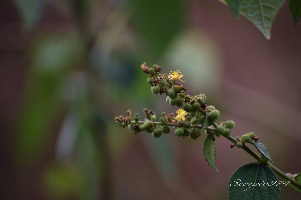 Nature, nature 974, Nature Réunion, nature de la Réunion, nature à la Réunion, flore introduite, flore introduite 974, flore introduite Réunion, flore introduite à la Réunion, flore introduite de la Réunion, flores introduites, flores introduites 974, flores introduites Réunion, flores introduites à la Réunion, flores introduites à la Réunion, fleur, fleur 974, fleur Réunion, fleur de la Réunion, fleur à la Réunion, Akène, Akène 974, Akène Réunion, Akène de la Réunion, Akène à la Réunion, Akène jaune, Akène jaune 974, Akène jaune Réunion, Akène jaune de la Réunion, Akène à la Réunion, fleur introduite, fleur introduite 974, fleur introduite Réunion, fleur introduite de la Réunion, fleur introduite à la Réunion, fleurs, fleurs 974, fleurs Réunion, fleurs de la Réunion, fleurs à la Réunion, fleur introduite, fleur introduite 974, fleur introduite Réunion, fleur introduite de la Réunion, fleur introduite à la Réunion, fleurs, fleurs 974, fleurs Réunion, fleurs de la Réunion, fleurs à la Réunion, fleurs introduites, fleurs introduites 974, fleurs introduites Réunion, fleurs introduites de la Réunion, fleur jaune, fleur jaune 974, fleur jaune Réunion, fleur jaune de la Réunion, fleur jaune à la Réunion, fleurs jaunes, fleurs jaunes 974, fleurs jaunes Réunion, fleurs jaunes de la Réunion, fleurs jaunes à la Réunion, fleur jaune vif, fleur jaune vif 974, fleur jaune vif Réunion, fleur jaune vif de la Réunion, fleur jaune vif à la Réunion, fleurs jaunes vifs, fleurs jaunes vifs 974, fleurs jaunes vifs Réunion, fleurs jaunes vifs de la Réunion, fleurs jaunes vifs, à la Réunion, fleur jaune introduite, fleur jaune introduite 974, fleur jaune introduite Réunion, fleur jaune introduite de la Réunion, fleur jaune introduite à la Réunion, fleurs jaunes introduites, fleurs jaunes introduites 974, fleurs jaunes introduites Réunion, fleurs jaunes introduites de la Réunion, fleurs jaunes introduites à la Réunion, fleur jaune vif introduite, fleur jaune vif introduite 974, fleur jaune vif introduite Réunion, fleur jaune vif introduite de la Réunion, fleur jaune vif introduite à la Réunion, fleurs jaunes vifs introduites, fleurs jaunes vifs introduites 974, fleurs jaunes vifs introduites Réunion, fleurs jaunes vifs introduites de la Réunion, fleurs jaunes vifs introduites à la Réunion, introduite, introduite 974, introduite Réunion, introduite de la Réunion, introduite à la Réunion, introduites, introduites 974, introduites Réunion, introduites à la Réunion, introduites de la Réunion, espèce introduite, espèce introduite 974, espèce introduite Réunion, espèce introduite de la Réunion, espèce introduite à la Réunion, espèces introduites, espèces introduites à la Réunion, espèces introduites 974, espèces introduites Réunion, espèces introduites de la Réunion, fleur jaune commune, fleur jaune commune 974, fleur jaune commune Réunion, fleur jaune commune de la Réunion, fleur jaune commune à la Réunion, fleurs jaunes communes, fleurs jaunes communes 974, fleurs jaunes communes Réunion, fleurs jaunes communes de la Réunion, fleurs jaunes communes à la Réunion, espèces florales, espèces florales 974, Réunion, espèces florales de la Réunion, espèces florales à la Réunion, espèce florale, espèce florale 974, Réunion, espèce florale de la Réunion, espèce florale à la Réunion, communs, communs Réunion, communs 974, communs de la Réunion, communs à la Réunion, commun, commun 974, commun Réunion, commun de la Réunion, commun à la Réunion, espèces florales introduites, espèces florales introduites 974, espèces florales introduites Réunion, espèces florales introduites de la Réunion, espèces florales introduites à la Réunion, espèce florale introduite, espèce florale introduite 974, espèce florale introduite Réunion, espèce florale introduite de la Réunion, espèce florale introduite à la Réunion, espèce invasive, espèce invasive 974, espèce invasive Réunion, espèce invasive de la Réunion, espèce invasive à la Réunion, espèces invasives, espèces invasives 974, espèces invasives Réunion, espèces invasives de la Réunion, espèces invasives à la Réunion, espèces florales invasives, espèces florales invasives Réunion, espèces florales invasives de la Réunion, espèces florales invasives à la Réunion, espèce florale invasive, espèce florale invasive 974, espèce florale invasive Réunion, espèce florale invasive de la Réunion, espèces de fleurs invasives, espèces de fleurs invasives 974, espèces de fleurs invasives Réunion, espèces de fleurs invasives de la Réunion, espèces de fleurs invasives à la Réunion, espèce de fleur invasive, espèce de fleur invasive 974, espèce de fleur invasive Réunion, espèce de fleur invasive de la Réunion, espèce de fleur invasive à la Réunion, nuisible, nuisible 974, nuisible Réunion, nuisible de la Réunion, nuisible à la Réunion, nuisibles, nuisibles 974, nuisibles Réunion, nuisibles de la Réunion, nuisibles à la Réunion, espèce nuisible, espèce nuisible 974, espèce nuisible Réunion, espèce nuisible de la Réunion, espèce nuisible à la Réunion, espèces nuisibles, espèces nuisibles 974, espèces nuisibles Réunion, espèces nuisibles de la Réunion, espèces nuisibles à la Réunion, flore magnifique, flore magnifique Réunion, flore magnifique de la Réunion, flore magnifique à la Réunion, espèces fleurs invasives, espèces fleurs invasives 974, espèces fleurs invasives Réunion, espèces fleurs invasives de la Réunion, espèces fleurs invasives à la Réunion, espèce fleur invasive, espèce fleur invasive 974, espèce fleur invasive Réunion, espèce fleur invasive de la Réunion, espèce fleur invasive à la Réunion, flore invasives, flore invasives 974, flore invasives Réunion, flore invasives de la Réunion, flore invasives à la Réunion, fleur invasive, fleur invasive 974, fleur invasive Réunion, fleur invasive de la Réunion, fleur invasive à la Réunion, fleurs invasives, fleurs invasives Réunion, fleurs invasives de la Réunion, fleurs invasives à la Réunion, petite fleur, petite fleur 974, petite fleur Réunion, petite fleur de la Réunion, petite fleur à la Réunion, petite fleur introduite, petite fleur introduite 974, petite fleur introduite Réunion, petite fleur introduite de la Réunion, petite fleur introduite à la Réunion, petites fleurs, petites fleurs 974, petites fleurs Réunion, petites fleurs de la Réunion, petites fleurs à la Réunion, petite fleur introduite, petite fleur introduite 974, petite fleur introduite Réunion, petite fleur introduite de la Réunion, petite fleur introduite à la Réunion, petites fleurs, petites fleurs 974, petites fleurs Réunion, petites fleurs de la Réunion, petites fleurs à la Réunion, petites fleurs introduites, petites fleurs introduites 974, petites fleurs introduites Réunion, petites fleurs introduites de la Réunion, petite fleur jaune, petite fleur jaune 974, petite fleur jaune Réunion, petite fleur jaune de la Réunion, petite fleur jaune à la Réunion, petites fleurs jaunes, petites fleurs jaunes 974, petites fleurs jaunes Réunion, petites fleurs jaunes de la Réunion, petites fleurs jaunes à la Réunion, petite fleur jaune vif, petite fleur jaune vif 974, petite fleur jaune vif Réunion, petite fleur jaune vif de la Réunion, petite fleur jaune vif à la Réunion, petites fleurs jaunes vifs, petites fleurs jaunes vifs 974, petites fleurs jaunes vifs Réunion, petites fleurs jaunes vifs de la Réunion, petites fleurs jaunes vifs, à la Réunion, petite fleur jaune introduite, petite fleur jaune introduite 974, petite fleur jaune introduite Réunion, petite fleur jaune introduite de la Réunion, petite fleur jaune introduite à la Réunion, petites fleurs jaunes introduites, petites fleurs jaunes introduites 974, petites fleurs jaunes introduites Réunion, petites fleurs jaunes introduites de la Réunion, petites fleurs jaunes introduites à la Réunion, petite fleur jaune vif introduite, petite fleur jaune vif introduite 974, petite fleur jaune vif introduite Réunion, petite fleur jaune vif introduite de la Réunion, petite fleur jaune vif introduite à la Réunion, petites fleurs jaunes vifs introduites, petites fleurs jaunes vifs introduites 974, petites fleurs jaunes vifs introduites Réunion, petites fleurs jaunes vifs introduites de la Réunion, petites fleurs jaunes vifs introduites à la Réunion,  espèces de petites fleurs invasives, espèces de petites fleurs invasives 974, espèces de petites fleurs invasives Réunion, espèces de petites fleurs invasives de la Réunion, espèces de petites fleurs invasives à la Réunion, espèce de petite fleur invasive, espèce de petite fleur invasive 974, espèce de petite fleur invasive Réunion, espèce de petite fleur invasive de la Réunion, espèce de petite fleur invasive à la Réunion, espèces petites fleurs invasives, espèces petites fleurs invasives 974, espèces petites fleurs invasives Réunion, espèces petites fleurs invasives de la Réunion, espèces petites fleurs invasives à la Réunion, espèce petite fleur invasive, espèce petite fleur invasive 974, espèce petite fleur invasive Réunion, espèce petite fleur invasive de la Réunion, espèce petite fleur invasive à la Réunion, petite fleur invasive, petite fleur invasive 974, petite fleur invasive Réunion, petite fleur invasive de la Réunion, petite fleur invasive à la Réunion, petites fleurs invasives, petites fleurs invasives Réunion, petites fleurs invasives de la Réunion, petites fleurs invasives à la Réunion, ,  flore introduite, flore introduite 974, flore introduite Réunion, flore introduite à la Réunion, flore introduite de la Réunion, flores introduites, flores introduites 974, flores introduites Réunion, flores introduites à la Réunion, flores introduites à la Réunion, fleur, fleur 974, fleur Réunion, fleur de la Réunion, fleur à la Réunion, fleur introduite, fleur introduite 974, fleur introduite Réunion, fleur introduite de la Réunion, fleur introduite à la Réunion, fleurs, fleurs 974, fleurs Réunion, fleurs de la Réunion, fleurs à la Réunion, fleur introduite, fleur introduite 974, fleur introduite Réunion, fleur introduite de la Réunion, fleur introduite à la Réunion, fleurs, fleurs 974, fleurs Réunion, fleurs de la Réunion, fleurs à la Réunion, fleurs introduites, fleurs introduites 974, fleurs introduites Réunion, fleurs introduites de la Réunion, fleur jaune, fleur jaune 974, fleur jaune Réunion, fleur jaune de la Réunion, fleur jaune à la Réunion, fleurs jaunes, fleurs jaunes 974, fleurs jaunes Réunion, fleurs jaunes de la Réunion, fleurs jaunes à la Réunion, fleur jaune vif, fleur jaune vif 974, fleur jaune vif Réunion, fleur jaune vif de la Réunion, fleur jaune vif à la Réunion, fleurs jaunes vifs, fleurs jaunes vifs 974, fleurs jaunes vifs Réunion, fleurs jaunes vifs de la Réunion, fleurs jaunes vifs, à la Réunion, fleur jaune introduite, fleur jaune introduite 974, fleur jaune introduite Réunion, fleur jaune introduite de la Réunion, fleur jaune introduite à la Réunion, fleurs jaunes introduites, fleurs jaunes introduites 974, fleurs jaunes introduites Réunion, fleurs jaunes introduites de la Réunion, fleurs jaunes introduites à la Réunion, fleur jaune vif introduite, fleur jaune vif introduite 974, fleur jaune vif introduite Réunion, fleur jaune vif introduite de la Réunion, fleur jaune vif introduite à la Réunion, fleurs jaunes vifs introduites, fleurs jaunes vifs introduites 974, fleurs jaunes vifs introduites Réunion, fleurs jaunes vifs introduites de la Réunion, fleurs jaunes vifs introduites à la Réunion,  introduite, introduite 974, introduite Réunion, introduite de la Réunion, introduite à la Réunion, introduites, introduites 974, introduites Réunion, introduites à la Réunion, introduites de la Réunion, espèce introduite, espèce introduite 974, espèce introduite Réunion, espèce introduite de la Réunion, espèce introduite à la Réunion, espèces introduites, espèces introduites à la Réunion, espèces introduites 974, espèces introduites Réunion, espèces introduites de la Réunion, fleur jaune commune, fleur jaune commune 974, fleur jaune commune Réunion, fleur jaune commune de la Réunion, fleur jaune commune à la Réunion, fleurs jaunes communes, fleurs jaunes communes 974, fleurs jaunes communes Réunion, fleurs jaunes communes de la Réunion, fleurs jaunes communes à la Réunion, espèces florales, espèces florales 974, Réunion, espèces florales de la Réunion, espèces florales à la Réunion, espèce florale, espèce florale 974, Réunion, espèce florale de la Réunion, espèce florale à la Réunion, arbuste à fleur jaune envahissante, arbuste à fleur jaune envahissante 974, arbuste à fleur jaune envahissante Réunion, arbuste à fleur jaune envahissante de la Réunion, arbuste à fleur jaune envahissante à la Réunion, arbustes à fleurs jaunes envahissantes, arbustes à fleurs jaunes envahissantes 974, arbustes à fleurs jaunes envahissantes Réunion, arbustes à fleurs jaunes envahissantes de la Réunion, arbustes à fleurs jaunes envahissantes à la Réunion, communs, communs Réunion, communs 974, communs de la Réunion, communs à la Réunion, commun, commun 974, commun Réunion, commun de la Réunion, commun à la Réunion, espèces florales introduites, espèces florales introduites 974, espèces florales introduites Réunion, espèces florales introduites de la Réunion, espèces florales introduites à la Réunion, espèce florale introduite, espèce florale introduite 974, espèce florale introduite Réunion, espèce florale introduite de la Réunion, espèce florale introduite à la Réunion, espèce invasive, espèce invasive 974, espèce invasive Réunion, espèce invasive de la Réunion, espèce invasive à la Réunion, espèces invasives, espèces invasives 974, espèces invasives Réunion, espèces invasives de la Réunion, espèces invasives à la Réunion, espèces florales invasives, espèces florales invasives Réunion, espèces florales invasives de la Réunion, espèces florales invasives à la Réunion, espèce florale invasive, espèce florale invasive 974, espèce florale invasive Réunion, espèce florale invasive de la Réunion, espèce florale invasive à la Réunion, Triumfetta pentandra A.Rich., Triumfetta pentandra A.Rich. 974, Triumfetta pentandra A.Rich. Réunion, Triumfetta pentandra A.Rich. de la Réunion, Triumfetta pentandra A.Rich. à la Réunion, Triumfetta pentandra A.Rich. 1831, Triumfetta pentandra A.Rich. 1831 974, Triumfetta pentandra A.Rich. 1831 Réunion, Triumfetta pentandra A.Rich. 1831 de la Réunion, Triumfetta pentandra A.Rich. 1831 à la Réunion, Triumfetta pentandra (A.Rich., 1831), Triumfetta pentandra (A.Rich., 1831) 974, Triumfetta pentandra (A.Rich., 1831) Réunion, Triumfetta pentandra (A.Rich., 1831) de la Réunion, Triumfetta pentandra (A.Rich., 1831) à la Réunion, Triumfetta pentandra, Triumfetta pentandra 974, Triumfetta pentandra Réunion, Triumfetta pentandra de la Réunion, Triumfetta pentandra à la Réunion, Triumfetta, Triumfetta 974, Triumfetta Réunion, Triumfetta de la Réunion, Triumfetta à la Réunion, Triumfetta angulata, Triumfetta angulata 974, Triumfetta angulata Réunion, Triumfetta angulata de la Réunion, Triumfetta angulata à la Réunion, Triumfetta angulata auct. Non Lam., Triumfetta angulata auct. Non Lam. 974, Triumfetta angulata auct. Non Lam. Réunion, Triumfetta angulata auct. Non Lam. de la Réunion, Triumfetta angulata auct. Non Lam. à la Réunion, Triumfetta angulata auct. Non Lam. 1792, Triumfetta angulata auct. Non Lam. 1792 974, Triumfetta angulata auct. Non Lam. 1792 Réunion, Triumfetta angulata auct. Non Lam. 1792 de la Réunion, Triumfetta angulata auct. Non Lam. 1792 à la Réunion,  Triumfetta angulata (auct. Non Lam., 1792),  Triumfetta angulata (auct. Non Lam., 1792) 974, Triumfetta angulata (auct. Non Lam., 1792) Réunion, Triumfetta angulata (auct. Non Lam., 1792) à la Réunion, Triumfetta angulata (auct. Non Lam., 1792) de la Réunion, Malvales, Malvales 974, Malvales Réunion, Malvales de la Réunion, Malvales à la Réunion, Grewioideae, Grewioideae 974, Grewioideae Réunion, Grewioideae de la Réunion, Grewioideae à la Réunion, Apeibeae, Apeibeae 974, Apeibeae Réunion, Apeibeae de la Réunion, Apeibeae à la Réunion, Triumfetta, Triumfetta 974, Triumfetta Réunion, Triumfetta de la Réunion, Triumfetta à la Réunion, Triumfetta, Triumfetta 974, Triumfetta Réunion, Triumfetta de la Réunion, Triumfetta à la Réunion, Pakavoa 