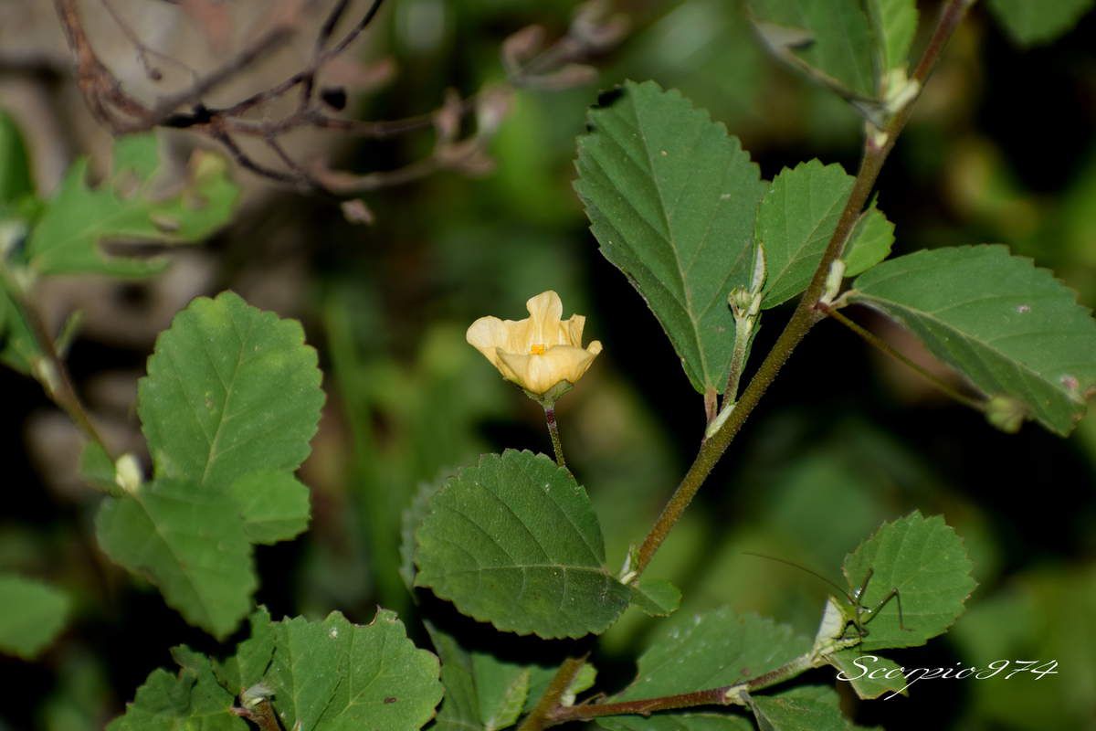 La fleur du Sida cordé (Sida cordata ((Burm.f.) Borss.Waalk.)).
