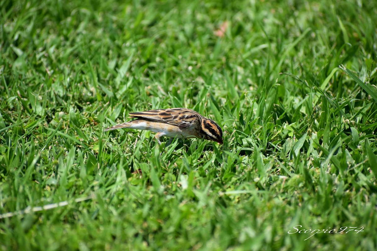 Nature, Nature 974, nature Réunion, nature de la Réunion, nature à la Réunion, faune, faune 974, faune Réunion, faune de la Réunion, faune à la Réunion, oiseau, oiseau 974, oiseau Réunion, oiseau de la Réunion, oiseau à la Réunion, oiseaux, oiseaux 974, oiseaux Réunion, oiseaux de la Réunion, oiseaux à la Réunion, espèce d'oiseau, espèce d'oiseau 974, espèce d'oiseau Réunion, espèce d'oiseau de la Réunion,  espèce d'oiseau à la Réunion, espèce d'oiseau introduit,  espèce d'oiseau introduit 974,  espèce d'oiseau introduit Réunion,  espèce d'oiseau introduit de la Réunion,  espèce d'oiseau introduit à la Réunion, oiseau introduit,  oiseau introduit 974,  oiseau introduit Réunion,  oiseau introduit de la Réunion,  oiseau introduit à la Réunion, oiseaux introduits,  oiseaux introduits 974,  oiseaux introduits Réunion,  oiseaux introduits de la Réunion,  oiseaux introduits à la Réunion, espèces d’oiseaux introduits,  espèces d’oiseaux introduits 974,  espèces d’oiseaux introduits Réunion,  espèces d’oiseaux introduits à la Réunion,  espèces d’oiseaux introduits à la Réunion, introduite  974, introduite  Réunion, introduite  de la Réunion, introduite à la Réunion, espèce introduite, espèce introduite  974,  espèce introduite Réunion,  espèce introduite de la Réunion,  espèce introduite à la Réunion,  espèces introduites,  espèces introduites 974,  espèces introduites Réunion,  espèces introduites de la Réunion,  espèces introduites à la Réunion, introduites,  introduites 974,  introduites Réunion,  introduites de la Réunion,  introduites à la Réunion, oiseau à longue queue introduite 974, oiseau à longue queue introduite Réunion, oiseau à longue queue introduite de la Réunion, oiseau à longue queue introduite à la Réunion, espèce introduite, espèce de oiseau à longue queue introduite 974, espèce de oiseau à longue queue introduite Réunion, espèce de oiseau à longue queue introduite de la Réunion, espèce de oiseau à longue queue introduite à la Réunion, espèces de oiseaux aux ventres blancs et longues queues introduites, espèces de oiseaux aux ventres blancs et longues queues introduites 974, espèces de oiseaux aux ventres blancs et longues queues introduites Réunion, espèces de oiseaux aux ventres blancs et longues queues introduites de la Réunion, espèces de oiseaux aux ventres blancs et longues queues introduites à la Réunion, oiseaux aux ventres blancs et longues queues introduites, oiseaux aux ventres blancs et longues queues introduites 974, oiseaux aux ventres blancs et longues queues introduites Réunion, oiseaux aux ventres blancs et longues queues introduites de la Réunion, oiseaux aux ventres blancs et longues queues introduites à la Réunion, oiseau à longue queue introduite brun 974, oiseau à longue queue introduite brun Réunion, oiseau à longue queue introduite brun de la Réunion, oiseau à longue queue introduite brun à la Réunion, espèce introduite, espèce de oiseau à longue queue introduite brun 974, espèce de oiseau à longue queue introduite brun Réunion, espèce de oiseau à longue queue introduite brun de la Réunion, espèce de oiseau à longue queue introduite brun à la Réunion, espèces de oiseaux aux ventres blancs et longues queues introduites bruns, espèces de oiseaux aux ventres blancs et longues queues introduites bruns 974, espèces de oiseaux aux ventres blancs et longues queues introduites bruns Réunion, espèces de oiseaux aux ventres blancs et longues queues introduites bruns de la Réunion, espèces de oiseaux aux ventres blancs et longues queues introduites bruns à la Réunion, oiseaux aux ventres blancs et longues queues introduites bruns, oiseaux aux ventres blancs et longues queues introduites bruns 974, oiseaux aux ventres blancs et longues queues introduites bruns Réunion, oiseaux aux ventres blancs et longues queues introduites bruns de la Réunion, oiseaux aux ventres blancs et longues queues introduites bruns à la Réunion, oiseau à longue queue petit, oiseau à longue queue petit 974, oiseau à longue queue petit Réunion, oiseau à longue queue petit de la Réunion, oiseau à longue queue petit à la Réunion, oiseaux aux ventres blancs et longues queues petits,  oiseaux aux ventres blancs et longues queues petits 974,  oiseaux aux ventres blancs et longues queues petits Réunion, oiseau au ventre blanc et à longue queue introduite, oiseau au ventre blanc et à longue queue introduite 974, oiseau au ventre blanc et à longue queue introduite Réunion, oiseau au ventre blanc et à longue queue introduite de la Réunion, oiseau au ventre blanc et à longue queue introduite à la Réunion, espèce introduite, espèce de oiseau au ventre blanc et à longue queue introduite 974, espèce de oiseau au ventre blanc et à longue queue introduite Réunion, espèce de oiseau au ventre blanc et à longue queue introduite de la Réunion, espèce de oiseau au ventre blanc et à longue queue introduite à la Réunion, espèces de oiseaux aux ventres blancs et longues queues bruns introduites, espèces de oiseaux aux ventres blancs et longues queues bruns introduites 974, espèces de oiseaux aux ventres blancs et longues queues bruns introduites Réunion, espèces de oiseaux aux ventres blancs et longues queues bruns introduites de la Réunion, espèces de oiseaux aux ventres blancs et longues queues bruns introduites à la Réunion, oiseaux aux ventres blancs et longues queues bruns introduites, oiseaux aux ventres blancs et longues queues bruns introduites 974, oiseaux aux ventres blancs et longues queues bruns introduites Réunion, oiseaux aux ventres blancs et longues queues bruns introduites de la Réunion, oiseaux aux ventres blancs et longues queues bruns introduites à la Réunion, tetrapoda, tetrapoda  974, tetrapoda  Réunion, tetrapoda  de la Réunion, tetrapoda  à la Réunion, lépidoptère, lépidoptère 974, lépidoptère Réunion, lépidoptère de la Réunion, lépidoptère à la Réunion, oiseau à longue queue, oiseau à longue queue 974, oiseau à longue queue Réunion, oiseau à longue queue de la Réunion, oiseau à longue queue à la Réunion, oiseaux aux ventres blancs et longues queues,  oiseaux aux ventres blancs et longues queues 974,  oiseaux aux ventres blancs et longues queues Réunion,  oiseaux aux ventres blancs et longues queues à la Réunion,  oiseaux aux ventres blancs et longues queues de la Réunion, espèce de oiseau à longue queue,  espèce de oiseau à longue queue 974,  espèce de oiseau à longue queue Réunion,  espèce de oiseau à longue queue de la Réunion,  espèce de oiseau à longue queue à la Réunion,  espèce de oiseaux aux ventres blancs et longues queues,  espèce de oiseaux aux ventres blancs et longues queues 974,  espèce de oiseaux aux ventres blancs et longues queues Réunion,  espèce de oiseaux aux ventres blancs et longues queues de la Réunion,  espèce de oiseaux aux ventres blancs et longues queues à la Réunion, espèces de oiseaux aux ventres blancs et longues queues,  espèces de oiseaux aux ventres blancs et longues queues 974,  espèces de oiseaux aux ventres blancs et longues queues Réunion,  espèces de oiseaux aux ventres blancs et longues queues à la Réunion,  espèces de oiseaux aux ventres blancs et longues queues de la Réunion, oiseau au ventre blanc et à longue queue, oiseau au ventre blanc et à longue queue 974, oiseau au ventre blanc et à longue queue Réunion, oiseau au ventre blanc et à longue queue de la Réunion, oiseau au ventre blanc et à longue queue à la Réunion, oiseaux aux ventres blancs et longues queues bruns,  oiseaux aux ventres blancs et longues queues bruns 974,  oiseaux aux ventres blancs et longues queues bruns Réunion,  oiseaux aux ventres blancs et longues queues bruns à la Réunion,  oiseaux aux ventres blancs et longues queues bruns de la Réunion, espèce de oiseau à longue queue,  espèce de oiseau au ventre blanc et à longue queue 974,  espèce de oiseau au ventre blanc et à longue queue Réunion,  espèce de oiseau au ventre blanc et à longue queue de la Réunion,  espèce de oiseau au ventre blanc et à longue queue à la Réunion,  espèce de oiseaux aux ventres blancs et longues queues bruns,  espèce de oiseaux aux ventres blancs et longues queues bruns 974,  espèce de oiseaux aux ventres blancs et longues queues bruns Réunion,  espèce de oiseaux aux ventres blancs et longues queues bruns de la Réunion,  espèce de oiseaux aux ventres blancs et longues queues bruns à la Réunion, espèces de oiseaux aux ventres blancs et longues queues bruns,  espèces de oiseaux aux ventres blancs et longues queues bruns 974,  espèces de oiseaux aux ventres blancs et longues queues bruns Réunion,  espèces de oiseaux aux ventres blancs et longues queues bruns à la Réunion,  espèces de oiseaux aux ventres blancs et longues queues bruns de la Réunion, oiseau à longue queue petit à la Réunion, oiseaux aux ventres blancs et longues queues petits,  oiseaux aux ventres blancs et longues queues petits 974,  oiseaux aux ventres blancs et longues queues petits Réunion,  oiseaux aux ventres blancs et longues queues petits à la Réunion,  oiseaux aux ventres blancs et longues queues petits de la Réunion, espèce de oiseau à longue queue,  espèce de oiseau à longue queue petit 974,  espèce de oiseau à longue queue petit Réunion,  espèce de oiseau à longue queue petit de la Réunion,  espèce de oiseau à longue queue petit à la Réunion,  espèce de oiseaux aux ventres blancs et longues queues petits,  espèce de oiseaux aux ventres blancs et longues queues petits 974,  espèce de oiseaux aux ventres blancs et longues queues petits Réunion,  espèce de oiseaux aux ventres blancs et longues queues petits de la Réunion,  espèce de oiseaux aux ventres blancs et longues queues petits à la Réunion, espèces de oiseaux aux ventres blancs et longues queues petits,  espèces de oiseaux aux ventres blancs et longues queues petits 974,  espèces de oiseaux aux ventres blancs et longues queues petits Réunion,  espèces de oiseaux aux ventres blancs et longues queues petits à la Réunion,  espèces de oiseaux aux ventres blancs et longues queues petits de la Réunion, oiseau à longue queue petit brun, oiseau à longue queue petit brun 974, oiseau à longue queue petit brun Réunion, oiseau à longue queue petit brun de la Réunion, oiseau à longue queue petit brun à la Réunion, oiseaux aux ventres blancs et longues queues petits bruns,  oiseaux aux ventres blancs et longues queues petits bruns 974,  oiseaux aux ventres blancs et longues queues petits bruns Réunion,  oiseaux aux ventres blancs et longues queues petits bruns à la Réunion,  oiseaux aux ventres blancs et longues queues petits bruns de la Réunion, espèce de oiseau à longue queue,  espèce de oiseau à longue queue petit brun 974,  espèce de oiseau à longue queue petit brun Réunion,  espèce de oiseau à longue queue petit brun de la Réunion,  espèce de oiseau à longue queue petit brun à la Réunion,  espèce de oiseaux aux ventres blancs et longues queues petits bruns,  espèce de oiseaux aux ventres blancs et longues queues petits bruns 974,  espèce de oiseaux aux ventres blancs et longues queues petits bruns Réunion,  espèce de oiseaux aux ventres blancs et longues queues petits bruns de la Réunion,  espèce de oiseaux aux ventres blancs et longues queues petits bruns à la Réunion, espèces de oiseaux aux ventres blancs et longues queues petits bruns,  espèces de oiseaux aux ventres blancs et longues queues petits bruns 974,  espèces de oiseaux aux ventres blancs et longues queues petits bruns Réunion,  espèces de oiseaux aux ventres blancs et longues queues petits bruns à la Réunion,  espèces de oiseaux aux ventres blancs et longues queues petits bruns de la Réunion, petit oiseau, petit oiseau 974, petit oiseau Réunion, petit oiseau de la Réunion, petit oiseau à la Réunion, petit oiseau brun, petit oiseau brun 974, petit oiseau brun Réunion, petit oiseau brun de la Réunion, petit oiseau brun à la Réunion, petit oiseau brun, petit oiseau brun 974, petit oiseau brun Réunion, petit oiseau brun de la Réunion, petit oiseau brun à la Réunion, petit oiseau brun, petit oiseau brun 974, petit oiseau brun Réunion, petit oiseau brun de la Réunion, petit oiseau brun à la Réunion, petits oiseaux, petits oiseaux 974, petits oiseaux Réunion, petits oiseaux de la Réunion, petits oiseaux à la Réunion, petits oiseaux bruns, petits oiseaux bruns 974, petits oiseaux bruns Réunion, petits oiseaux bruns de la Réunion, petits oiseaux bruns à la Réunion, petits oiseaux bruns, petits oiseaux bruns 974, petits oiseaux bruns Réunion, petits oiseaux bruns de la Réunion, petits oiseaux bruns à la Réunion, petits oiseaux bruns, petits oiseaux bruns 974, petits oiseaux bruns Réunion, petits oiseaux bruns de la Réunion, petits oiseaux bruns à la Réunion, Aves,  Aves 974,  Aves Réunion,  Aves à la Réunion,  Aves de la Réunion, Passeriformes,  Passeriformes 974,  Passeriformes Réunion,  Passeriformes de la Réunion,  Passeriformes à la Réunion, Ploceoidea,  Ploceoidea 974,  Ploceoidea Réunion,  Ploceoidea à la Réunion,  Ploceoidea de la Réunion, Vidua,  Vidua 974, Vidua Réunion,  Vidua de la Réunion, Vidua à la Réunion, Veuve dominicaine, Veuve dominicaine 974, Veuve dominicaine Réunion, Veuve dominicaine à la Réunion, Veuve dominicaine de la Réunion,  Vidua macroura (Pallas, 1764), Vidua macroura (Pallas, 1764) 974, Vidua macroura (Pallas, 1764) Réunion, Vidua macroura (Pallas, 1764) de la Réunion, Vidua macroura (Pallas, 1764) à la Réunion, Vidua macroura Pallas 1764, Vidua macroura Pallas 1764 974, Vidua macroura Pallas 1764 Réunion, Vidua macroura Pallas 1764 de la Réunion, Vidua macroura Pallas 1764 à la Réunion, Vidua macroura Pallas, Vidua macroura Pallas 974, Vidua macroura Pallas Réunion, Vidua macroura Pallas de la Réunion, Vidua macroura Pallas à la Réunion, Vidua macroura, Vidua macroura 974, Vidua macroura Réunion, Vidua macroura de la Réunion, Vidua macroura à la Réunion, Vidua, Vidua 974, Vidua Réunion, Vidua de la Réunion, Vidua à la Réunion, oiseau à longue queue nocturne, oiseau à longue queue nocturne 974, oiseau à longue queue nocturne Réunion, oiseau à longue queue nocturne de la Réunion, oiseau à longue queue nocturne à la Réunion, oiseau à bec rouge, oiseau à bec rouge 974, oiseau à bec rouge Réunion, oiseau à bec rouge de la Réunion, oiseau à bec rouge à la Réunion, oiseaux à becs rouges, oiseaux à becs rouges 974, oiseaux à becs rouges Réunion, oiseaux à becs rouges de la Réunion, oiseaux à becs rouges à la Réunion, oiseaux à becs orangés, oiseaux à becs orangés 974, oiseaux à becs orangés Réunion, oiseaux à becs orangés de la Réunion, oiseaux à becs orangés à la Réunion, oiseau à bec orangé, oiseau à bec orangé 974, oiseau à bec orangé Réunion, oiseau à bec orangé de la Réunion, oiseau à bec orangé à la Réunion, oiseau à bec orangé, oiseau à bec orangé 974, oiseau à bec orangé Réunion, oiseau à bec orangé de la Réunion, oiseau à bec orangé à la Réunion,   oiseaux à becs orangés,  oiseaux à becs orangés 974,  oiseaux à becs orangés Réunion,  oiseaux à becs orangés à la Réunion,  oiseaux à becs orangés de la Réunion, oiseau brun et blanc,  oiseau brun et blanc 974,  oiseau brun et blanc Réunion,  oiseau brun et blanc de la Réunion,  oiseau brun et blanc à la Réunion,  oiseaux bruns et blancs,  oiseaux bruns et blancs 974,  oiseaux bruns et blancs Réunion,  oiseaux bruns et blancs de la Réunion,  oiseaux bruns et blanc à la Réunion,  oiseau brun et blanc à longue queue, oiseau brun et blanc à longue queue 974, oiseau brun et blanc à longue queue Réunion, oiseau brun et blanc à longue queue de la Réunion, oiseau brun et blancs à longue queue à la Réunion, oiseaux bruns et blancs à longues queues,  oiseaux bruns et blancs à longues queues 974,  oiseaux bruns et blancs à longues queues Réunion,  oiseaux bruns et blancs à longues queues de la Réunion,  oiseaux bruns et blancs à longues queues à la Réunion,  oiseaux bruns et blancs à longues queues bruns,  oiseaux bruns et blancs à longues queues bruns 974,  oiseaux bruns et blancs à longues queues bruns Réunion,  oiseaux bruns et blancs à longues queues bruns de la Réunion,  oiseaux bruns et blancs à longues queues bruns à la Réunion,  oiseau brun et blanc à longue queue brun,  oiseau brun et blanc à longue queue brun 974,  oiseau brun et blanc à longue queue brun Réunion,  oiseau brun et blanc à longue queue brun de la Réunion,  oiseau brun et blanc à longue queue brun à la Réunion,  oiseau brun et blanc à longue queue brun et bec rouge orangé,  oiseau brun et blanc à longue queue brun et bec rouge orangé 974,  oiseau brun et blanc à longue queue brun et bec rouge orangé Réunion,  oiseau brun et blanc à longue queue brun et bec rouge orangé de la Réunion,  oiseau brun et blanc à longue queue brun et bec rouge orangé à la Réunion,  oiseaux bruns et blancs à longues queues bruns et becs rouges orangés,  oiseaux bruns et blancs à longues queues bruns et becs rouges orangés 974,  oiseaux bruns et blancs à longues queues bruns et becs rouges orangés Réunion,  oiseaux bruns et blancs à longues queues bruns et becs rouges orangés de la Réunion,  oiseaux bruns et blancs à longues queues bruns et becs rouges orangés à la Réunion