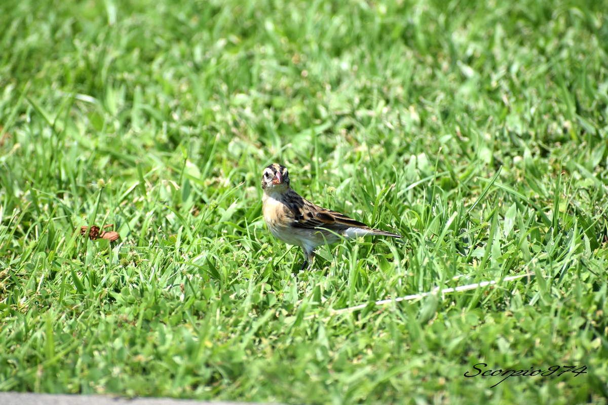Nature, Nature 974, nature Réunion, nature de la Réunion, nature à la Réunion, faune, faune 974, faune Réunion, faune de la Réunion, faune à la Réunion, oiseau, oiseau 974, oiseau Réunion, oiseau de la Réunion, oiseau à la Réunion, oiseaux, oiseaux 974, oiseaux Réunion, oiseaux de la Réunion, oiseaux à la Réunion, espèce d'oiseau, espèce d'oiseau 974, espèce d'oiseau Réunion, espèce d'oiseau de la Réunion,  espèce d'oiseau à la Réunion, espèce d'oiseau introduit,  espèce d'oiseau introduit 974,  espèce d'oiseau introduit Réunion,  espèce d'oiseau introduit de la Réunion,  espèce d'oiseau introduit à la Réunion, oiseau introduit,  oiseau introduit 974,  oiseau introduit Réunion,  oiseau introduit de la Réunion,  oiseau introduit à la Réunion, oiseaux introduits,  oiseaux introduits 974,  oiseaux introduits Réunion,  oiseaux introduits de la Réunion,  oiseaux introduits à la Réunion, espèces d’oiseaux introduits,  espèces d’oiseaux introduits 974,  espèces d’oiseaux introduits Réunion,  espèces d’oiseaux introduits à la Réunion,  espèces d’oiseaux introduits à la Réunion, introduite  974, introduite  Réunion, introduite  de la Réunion, introduite à la Réunion, espèce introduite, espèce introduite  974,  espèce introduite Réunion,  espèce introduite de la Réunion,  espèce introduite à la Réunion,  espèces introduites,  espèces introduites 974,  espèces introduites Réunion,  espèces introduites de la Réunion,  espèces introduites à la Réunion, introduites,  introduites 974,  introduites Réunion,  introduites de la Réunion,  introduites à la Réunion, oiseau à longue queue introduite 974, oiseau à longue queue introduite Réunion, oiseau à longue queue introduite de la Réunion, oiseau à longue queue introduite à la Réunion, espèce introduite, espèce de oiseau à longue queue introduite 974, espèce de oiseau à longue queue introduite Réunion, espèce de oiseau à longue queue introduite de la Réunion, espèce de oiseau à longue queue introduite à la Réunion, espèces de oiseaux aux ventres blancs et longues queues introduites, espèces de oiseaux aux ventres blancs et longues queues introduites 974, espèces de oiseaux aux ventres blancs et longues queues introduites Réunion, espèces de oiseaux aux ventres blancs et longues queues introduites de la Réunion, espèces de oiseaux aux ventres blancs et longues queues introduites à la Réunion, oiseaux aux ventres blancs et longues queues introduites, oiseaux aux ventres blancs et longues queues introduites 974, oiseaux aux ventres blancs et longues queues introduites Réunion, oiseaux aux ventres blancs et longues queues introduites de la Réunion, oiseaux aux ventres blancs et longues queues introduites à la Réunion, oiseau à longue queue introduite brun 974, oiseau à longue queue introduite brun Réunion, oiseau à longue queue introduite brun de la Réunion, oiseau à longue queue introduite brun à la Réunion, espèce introduite, espèce de oiseau à longue queue introduite brun 974, espèce de oiseau à longue queue introduite brun Réunion, espèce de oiseau à longue queue introduite brun de la Réunion, espèce de oiseau à longue queue introduite brun à la Réunion, espèces de oiseaux aux ventres blancs et longues queues introduites bruns, espèces de oiseaux aux ventres blancs et longues queues introduites bruns 974, espèces de oiseaux aux ventres blancs et longues queues introduites bruns Réunion, espèces de oiseaux aux ventres blancs et longues queues introduites bruns de la Réunion, espèces de oiseaux aux ventres blancs et longues queues introduites bruns à la Réunion, oiseaux aux ventres blancs et longues queues introduites bruns, oiseaux aux ventres blancs et longues queues introduites bruns 974, oiseaux aux ventres blancs et longues queues introduites bruns Réunion, oiseaux aux ventres blancs et longues queues introduites bruns de la Réunion, oiseaux aux ventres blancs et longues queues introduites bruns à la Réunion, oiseau à longue queue petit, oiseau à longue queue petit 974, oiseau à longue queue petit Réunion, oiseau à longue queue petit de la Réunion, oiseau à longue queue petit à la Réunion, oiseaux aux ventres blancs et longues queues petits,  oiseaux aux ventres blancs et longues queues petits 974,  oiseaux aux ventres blancs et longues queues petits Réunion, oiseau au ventre blanc et à longue queue introduite, oiseau au ventre blanc et à longue queue introduite 974, oiseau au ventre blanc et à longue queue introduite Réunion, oiseau au ventre blanc et à longue queue introduite de la Réunion, oiseau au ventre blanc et à longue queue introduite à la Réunion, espèce introduite, espèce de oiseau au ventre blanc et à longue queue introduite 974, espèce de oiseau au ventre blanc et à longue queue introduite Réunion, espèce de oiseau au ventre blanc et à longue queue introduite de la Réunion, espèce de oiseau au ventre blanc et à longue queue introduite à la Réunion, espèces de oiseaux aux ventres blancs et longues queues bruns introduites, espèces de oiseaux aux ventres blancs et longues queues bruns introduites 974, espèces de oiseaux aux ventres blancs et longues queues bruns introduites Réunion, espèces de oiseaux aux ventres blancs et longues queues bruns introduites de la Réunion, espèces de oiseaux aux ventres blancs et longues queues bruns introduites à la Réunion, oiseaux aux ventres blancs et longues queues bruns introduites, oiseaux aux ventres blancs et longues queues bruns introduites 974, oiseaux aux ventres blancs et longues queues bruns introduites Réunion, oiseaux aux ventres blancs et longues queues bruns introduites de la Réunion, oiseaux aux ventres blancs et longues queues bruns introduites à la Réunion, tetrapoda, tetrapoda  974, tetrapoda  Réunion, tetrapoda  de la Réunion, tetrapoda  à la Réunion, lépidoptère, lépidoptère 974, lépidoptère Réunion, lépidoptère de la Réunion, lépidoptère à la Réunion, oiseau à longue queue, oiseau à longue queue 974, oiseau à longue queue Réunion, oiseau à longue queue de la Réunion, oiseau à longue queue à la Réunion, oiseaux aux ventres blancs et longues queues,  oiseaux aux ventres blancs et longues queues 974,  oiseaux aux ventres blancs et longues queues Réunion,  oiseaux aux ventres blancs et longues queues à la Réunion,  oiseaux aux ventres blancs et longues queues de la Réunion, espèce de oiseau à longue queue,  espèce de oiseau à longue queue 974,  espèce de oiseau à longue queue Réunion,  espèce de oiseau à longue queue de la Réunion,  espèce de oiseau à longue queue à la Réunion,  espèce de oiseaux aux ventres blancs et longues queues,  espèce de oiseaux aux ventres blancs et longues queues 974,  espèce de oiseaux aux ventres blancs et longues queues Réunion,  espèce de oiseaux aux ventres blancs et longues queues de la Réunion,  espèce de oiseaux aux ventres blancs et longues queues à la Réunion, espèces de oiseaux aux ventres blancs et longues queues,  espèces de oiseaux aux ventres blancs et longues queues 974,  espèces de oiseaux aux ventres blancs et longues queues Réunion,  espèces de oiseaux aux ventres blancs et longues queues à la Réunion,  espèces de oiseaux aux ventres blancs et longues queues de la Réunion, oiseau au ventre blanc et à longue queue, oiseau au ventre blanc et à longue queue 974, oiseau au ventre blanc et à longue queue Réunion, oiseau au ventre blanc et à longue queue de la Réunion, oiseau au ventre blanc et à longue queue à la Réunion, oiseaux aux ventres blancs et longues queues bruns,  oiseaux aux ventres blancs et longues queues bruns 974,  oiseaux aux ventres blancs et longues queues bruns Réunion,  oiseaux aux ventres blancs et longues queues bruns à la Réunion,  oiseaux aux ventres blancs et longues queues bruns de la Réunion, espèce de oiseau à longue queue,  espèce de oiseau au ventre blanc et à longue queue 974,  espèce de oiseau au ventre blanc et à longue queue Réunion,  espèce de oiseau au ventre blanc et à longue queue de la Réunion,  espèce de oiseau au ventre blanc et à longue queue à la Réunion,  espèce de oiseaux aux ventres blancs et longues queues bruns,  espèce de oiseaux aux ventres blancs et longues queues bruns 974,  espèce de oiseaux aux ventres blancs et longues queues bruns Réunion,  espèce de oiseaux aux ventres blancs et longues queues bruns de la Réunion,  espèce de oiseaux aux ventres blancs et longues queues bruns à la Réunion, espèces de oiseaux aux ventres blancs et longues queues bruns,  espèces de oiseaux aux ventres blancs et longues queues bruns 974,  espèces de oiseaux aux ventres blancs et longues queues bruns Réunion,  espèces de oiseaux aux ventres blancs et longues queues bruns à la Réunion,  espèces de oiseaux aux ventres blancs et longues queues bruns de la Réunion, oiseau à longue queue petit à la Réunion, oiseaux aux ventres blancs et longues queues petits,  oiseaux aux ventres blancs et longues queues petits 974,  oiseaux aux ventres blancs et longues queues petits Réunion,  oiseaux aux ventres blancs et longues queues petits à la Réunion,  oiseaux aux ventres blancs et longues queues petits de la Réunion, espèce de oiseau à longue queue,  espèce de oiseau à longue queue petit 974,  espèce de oiseau à longue queue petit Réunion,  espèce de oiseau à longue queue petit de la Réunion,  espèce de oiseau à longue queue petit à la Réunion,  espèce de oiseaux aux ventres blancs et longues queues petits,  espèce de oiseaux aux ventres blancs et longues queues petits 974,  espèce de oiseaux aux ventres blancs et longues queues petits Réunion,  espèce de oiseaux aux ventres blancs et longues queues petits de la Réunion,  espèce de oiseaux aux ventres blancs et longues queues petits à la Réunion, espèces de oiseaux aux ventres blancs et longues queues petits,  espèces de oiseaux aux ventres blancs et longues queues petits 974,  espèces de oiseaux aux ventres blancs et longues queues petits Réunion,  espèces de oiseaux aux ventres blancs et longues queues petits à la Réunion,  espèces de oiseaux aux ventres blancs et longues queues petits de la Réunion, oiseau à longue queue petit brun, oiseau à longue queue petit brun 974, oiseau à longue queue petit brun Réunion, oiseau à longue queue petit brun de la Réunion, oiseau à longue queue petit brun à la Réunion, oiseaux aux ventres blancs et longues queues petits bruns,  oiseaux aux ventres blancs et longues queues petits bruns 974,  oiseaux aux ventres blancs et longues queues petits bruns Réunion,  oiseaux aux ventres blancs et longues queues petits bruns à la Réunion,  oiseaux aux ventres blancs et longues queues petits bruns de la Réunion, espèce de oiseau à longue queue,  espèce de oiseau à longue queue petit brun 974,  espèce de oiseau à longue queue petit brun Réunion,  espèce de oiseau à longue queue petit brun de la Réunion,  espèce de oiseau à longue queue petit brun à la Réunion,  espèce de oiseaux aux ventres blancs et longues queues petits bruns,  espèce de oiseaux aux ventres blancs et longues queues petits bruns 974,  espèce de oiseaux aux ventres blancs et longues queues petits bruns Réunion,  espèce de oiseaux aux ventres blancs et longues queues petits bruns de la Réunion,  espèce de oiseaux aux ventres blancs et longues queues petits bruns à la Réunion, espèces de oiseaux aux ventres blancs et longues queues petits bruns,  espèces de oiseaux aux ventres blancs et longues queues petits bruns 974,  espèces de oiseaux aux ventres blancs et longues queues petits bruns Réunion,  espèces de oiseaux aux ventres blancs et longues queues petits bruns à la Réunion,  espèces de oiseaux aux ventres blancs et longues queues petits bruns de la Réunion, petit oiseau, petit oiseau 974, petit oiseau Réunion, petit oiseau de la Réunion, petit oiseau à la Réunion, petit oiseau brun, petit oiseau brun 974, petit oiseau brun Réunion, petit oiseau brun de la Réunion, petit oiseau brun à la Réunion, petit oiseau brun, petit oiseau brun 974, petit oiseau brun Réunion, petit oiseau brun de la Réunion, petit oiseau brun à la Réunion, petit oiseau brun, petit oiseau brun 974, petit oiseau brun Réunion, petit oiseau brun de la Réunion, petit oiseau brun à la Réunion, petits oiseaux, petits oiseaux 974, petits oiseaux Réunion, petits oiseaux de la Réunion, petits oiseaux à la Réunion, petits oiseaux bruns, petits oiseaux bruns 974, petits oiseaux bruns Réunion, petits oiseaux bruns de la Réunion, petits oiseaux bruns à la Réunion, petits oiseaux bruns, petits oiseaux bruns 974, petits oiseaux bruns Réunion, petits oiseaux bruns de la Réunion, petits oiseaux bruns à la Réunion, petits oiseaux bruns, petits oiseaux bruns 974, petits oiseaux bruns Réunion, petits oiseaux bruns de la Réunion, petits oiseaux bruns à la Réunion, Aves,  Aves 974,  Aves Réunion,  Aves à la Réunion,  Aves de la Réunion, Passeriformes,  Passeriformes 974,  Passeriformes Réunion,  Passeriformes de la Réunion,  Passeriformes à la Réunion, Ploceoidea,  Ploceoidea 974,  Ploceoidea Réunion,  Ploceoidea à la Réunion,  Ploceoidea de la Réunion, Vidua,  Vidua 974, Vidua Réunion,  Vidua de la Réunion, Vidua à la Réunion, Veuve dominicaine, Veuve dominicaine 974, Veuve dominicaine Réunion, Veuve dominicaine à la Réunion, Veuve dominicaine de la Réunion,  Vidua macroura (Pallas, 1764), Vidua macroura (Pallas, 1764) 974, Vidua macroura (Pallas, 1764) Réunion, Vidua macroura (Pallas, 1764) de la Réunion, Vidua macroura (Pallas, 1764) à la Réunion, Vidua macroura Pallas 1764, Vidua macroura Pallas 1764 974, Vidua macroura Pallas 1764 Réunion, Vidua macroura Pallas 1764 de la Réunion, Vidua macroura Pallas 1764 à la Réunion, Vidua macroura Pallas, Vidua macroura Pallas 974, Vidua macroura Pallas Réunion, Vidua macroura Pallas de la Réunion, Vidua macroura Pallas à la Réunion, Vidua macroura, Vidua macroura 974, Vidua macroura Réunion, Vidua macroura de la Réunion, Vidua macroura à la Réunion, Vidua, Vidua 974, Vidua Réunion, Vidua de la Réunion, Vidua à la Réunion, oiseau à longue queue nocturne, oiseau à longue queue nocturne 974, oiseau à longue queue nocturne Réunion, oiseau à longue queue nocturne de la Réunion, oiseau à longue queue nocturne à la Réunion, oiseau à bec rouge, oiseau à bec rouge 974, oiseau à bec rouge Réunion, oiseau à bec rouge de la Réunion, oiseau à bec rouge à la Réunion, oiseaux à becs rouges, oiseaux à becs rouges 974, oiseaux à becs rouges Réunion, oiseaux à becs rouges de la Réunion, oiseaux à becs rouges à la Réunion, oiseaux à becs orangés, oiseaux à becs orangés 974, oiseaux à becs orangés Réunion, oiseaux à becs orangés de la Réunion, oiseaux à becs orangés à la Réunion, oiseau à bec orangé, oiseau à bec orangé 974, oiseau à bec orangé Réunion, oiseau à bec orangé de la Réunion, oiseau à bec orangé à la Réunion, oiseau à bec orangé, oiseau à bec orangé 974, oiseau à bec orangé Réunion, oiseau à bec orangé de la Réunion, oiseau à bec orangé à la Réunion,   oiseaux à becs orangés,  oiseaux à becs orangés 974,  oiseaux à becs orangés Réunion,  oiseaux à becs orangés à la Réunion,  oiseaux à becs orangés de la Réunion, oiseau brun et blanc,  oiseau brun et blanc 974,  oiseau brun et blanc Réunion,  oiseau brun et blanc de la Réunion,  oiseau brun et blanc à la Réunion,  oiseaux bruns et blancs,  oiseaux bruns et blancs 974,  oiseaux bruns et blancs Réunion,  oiseaux bruns et blancs de la Réunion,  oiseaux bruns et blanc à la Réunion,  oiseau brun et blanc à longue queue, oiseau brun et blanc à longue queue 974, oiseau brun et blanc à longue queue Réunion, oiseau brun et blanc à longue queue de la Réunion, oiseau brun et blancs à longue queue à la Réunion, oiseaux bruns et blancs à longues queues,  oiseaux bruns et blancs à longues queues 974,  oiseaux bruns et blancs à longues queues Réunion,  oiseaux bruns et blancs à longues queues de la Réunion,  oiseaux bruns et blancs à longues queues à la Réunion,  oiseaux bruns et blancs à longues queues bruns,  oiseaux bruns et blancs à longues queues bruns 974,  oiseaux bruns et blancs à longues queues bruns Réunion,  oiseaux bruns et blancs à longues queues bruns de la Réunion,  oiseaux bruns et blancs à longues queues bruns à la Réunion,  oiseau brun et blanc à longue queue brun,  oiseau brun et blanc à longue queue brun 974,  oiseau brun et blanc à longue queue brun Réunion,  oiseau brun et blanc à longue queue brun de la Réunion,  oiseau brun et blanc à longue queue brun à la Réunion,  oiseau brun et blanc à longue queue brun et bec rouge orangé,  oiseau brun et blanc à longue queue brun et bec rouge orangé 974,  oiseau brun et blanc à longue queue brun et bec rouge orangé Réunion,  oiseau brun et blanc à longue queue brun et bec rouge orangé de la Réunion,  oiseau brun et blanc à longue queue brun et bec rouge orangé à la Réunion,  oiseaux bruns et blancs à longues queues bruns et becs rouges orangés,  oiseaux bruns et blancs à longues queues bruns et becs rouges orangés 974,  oiseaux bruns et blancs à longues queues bruns et becs rouges orangés Réunion,  oiseaux bruns et blancs à longues queues bruns et becs rouges orangés de la Réunion,  oiseaux bruns et blancs à longues queues bruns et becs rouges orangés à la Réunion
