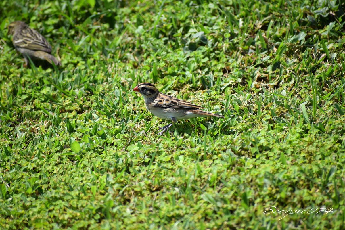 Nature, Nature 974, nature Réunion, nature de la Réunion, nature à la Réunion, faune, faune 974, faune Réunion, faune de la Réunion, faune à la Réunion, oiseau, oiseau 974, oiseau Réunion, oiseau de la Réunion, oiseau à la Réunion, oiseaux, oiseaux 974, oiseaux Réunion, oiseaux de la Réunion, oiseaux à la Réunion, espèce d'oiseau, espèce d'oiseau 974, espèce d'oiseau Réunion, espèce d'oiseau de la Réunion,  espèce d'oiseau à la Réunion, espèce d'oiseau introduit,  espèce d'oiseau introduit 974,  espèce d'oiseau introduit Réunion,  espèce d'oiseau introduit de la Réunion,  espèce d'oiseau introduit à la Réunion, oiseau introduit,  oiseau introduit 974,  oiseau introduit Réunion,  oiseau introduit de la Réunion,  oiseau introduit à la Réunion, oiseaux introduits,  oiseaux introduits 974,  oiseaux introduits Réunion,  oiseaux introduits de la Réunion,  oiseaux introduits à la Réunion, espèces d’oiseaux introduits,  espèces d’oiseaux introduits 974,  espèces d’oiseaux introduits Réunion,  espèces d’oiseaux introduits à la Réunion,  espèces d’oiseaux introduits à la Réunion, introduite  974, introduite  Réunion, introduite  de la Réunion, introduite à la Réunion, espèce introduite, espèce introduite  974,  espèce introduite Réunion,  espèce introduite de la Réunion,  espèce introduite à la Réunion,  espèces introduites,  espèces introduites 974,  espèces introduites Réunion,  espèces introduites de la Réunion,  espèces introduites à la Réunion, introduites,  introduites 974,  introduites Réunion,  introduites de la Réunion,  introduites à la Réunion, oiseau à longue queue introduite 974, oiseau à longue queue introduite Réunion, oiseau à longue queue introduite de la Réunion, oiseau à longue queue introduite à la Réunion, espèce introduite, espèce de oiseau à longue queue introduite 974, espèce de oiseau à longue queue introduite Réunion, espèce de oiseau à longue queue introduite de la Réunion, espèce de oiseau à longue queue introduite à la Réunion, espèces de oiseaux aux ventres blancs et longues queues introduites, espèces de oiseaux aux ventres blancs et longues queues introduites 974, espèces de oiseaux aux ventres blancs et longues queues introduites Réunion, espèces de oiseaux aux ventres blancs et longues queues introduites de la Réunion, espèces de oiseaux aux ventres blancs et longues queues introduites à la Réunion, oiseaux aux ventres blancs et longues queues introduites, oiseaux aux ventres blancs et longues queues introduites 974, oiseaux aux ventres blancs et longues queues introduites Réunion, oiseaux aux ventres blancs et longues queues introduites de la Réunion, oiseaux aux ventres blancs et longues queues introduites à la Réunion, oiseau à longue queue introduite brun 974, oiseau à longue queue introduite brun Réunion, oiseau à longue queue introduite brun de la Réunion, oiseau à longue queue introduite brun à la Réunion, espèce introduite, espèce de oiseau à longue queue introduite brun 974, espèce de oiseau à longue queue introduite brun Réunion, espèce de oiseau à longue queue introduite brun de la Réunion, espèce de oiseau à longue queue introduite brun à la Réunion, espèces de oiseaux aux ventres blancs et longues queues introduites bruns, espèces de oiseaux aux ventres blancs et longues queues introduites bruns 974, espèces de oiseaux aux ventres blancs et longues queues introduites bruns Réunion, espèces de oiseaux aux ventres blancs et longues queues introduites bruns de la Réunion, espèces de oiseaux aux ventres blancs et longues queues introduites bruns à la Réunion, oiseaux aux ventres blancs et longues queues introduites bruns, oiseaux aux ventres blancs et longues queues introduites bruns 974, oiseaux aux ventres blancs et longues queues introduites bruns Réunion, oiseaux aux ventres blancs et longues queues introduites bruns de la Réunion, oiseaux aux ventres blancs et longues queues introduites bruns à la Réunion, oiseau à longue queue petit, oiseau à longue queue petit 974, oiseau à longue queue petit Réunion, oiseau à longue queue petit de la Réunion, oiseau à longue queue petit à la Réunion, oiseaux aux ventres blancs et longues queues petits,  oiseaux aux ventres blancs et longues queues petits 974,  oiseaux aux ventres blancs et longues queues petits Réunion, oiseau au ventre blanc et à longue queue introduite, oiseau au ventre blanc et à longue queue introduite 974, oiseau au ventre blanc et à longue queue introduite Réunion, oiseau au ventre blanc et à longue queue introduite de la Réunion, oiseau au ventre blanc et à longue queue introduite à la Réunion, espèce introduite, espèce de oiseau au ventre blanc et à longue queue introduite 974, espèce de oiseau au ventre blanc et à longue queue introduite Réunion, espèce de oiseau au ventre blanc et à longue queue introduite de la Réunion, espèce de oiseau au ventre blanc et à longue queue introduite à la Réunion, espèces de oiseaux aux ventres blancs et longues queues bruns introduites, espèces de oiseaux aux ventres blancs et longues queues bruns introduites 974, espèces de oiseaux aux ventres blancs et longues queues bruns introduites Réunion, espèces de oiseaux aux ventres blancs et longues queues bruns introduites de la Réunion, espèces de oiseaux aux ventres blancs et longues queues bruns introduites à la Réunion, oiseaux aux ventres blancs et longues queues bruns introduites, oiseaux aux ventres blancs et longues queues bruns introduites 974, oiseaux aux ventres blancs et longues queues bruns introduites Réunion, oiseaux aux ventres blancs et longues queues bruns introduites de la Réunion, oiseaux aux ventres blancs et longues queues bruns introduites à la Réunion, tetrapoda, tetrapoda  974, tetrapoda  Réunion, tetrapoda  de la Réunion, tetrapoda  à la Réunion, lépidoptère, lépidoptère 974, lépidoptère Réunion, lépidoptère de la Réunion, lépidoptère à la Réunion, oiseau à longue queue, oiseau à longue queue 974, oiseau à longue queue Réunion, oiseau à longue queue de la Réunion, oiseau à longue queue à la Réunion, oiseaux aux ventres blancs et longues queues,  oiseaux aux ventres blancs et longues queues 974,  oiseaux aux ventres blancs et longues queues Réunion,  oiseaux aux ventres blancs et longues queues à la Réunion,  oiseaux aux ventres blancs et longues queues de la Réunion, espèce de oiseau à longue queue,  espèce de oiseau à longue queue 974,  espèce de oiseau à longue queue Réunion,  espèce de oiseau à longue queue de la Réunion,  espèce de oiseau à longue queue à la Réunion,  espèce de oiseaux aux ventres blancs et longues queues,  espèce de oiseaux aux ventres blancs et longues queues 974,  espèce de oiseaux aux ventres blancs et longues queues Réunion,  espèce de oiseaux aux ventres blancs et longues queues de la Réunion,  espèce de oiseaux aux ventres blancs et longues queues à la Réunion, espèces de oiseaux aux ventres blancs et longues queues,  espèces de oiseaux aux ventres blancs et longues queues 974,  espèces de oiseaux aux ventres blancs et longues queues Réunion,  espèces de oiseaux aux ventres blancs et longues queues à la Réunion,  espèces de oiseaux aux ventres blancs et longues queues de la Réunion, oiseau au ventre blanc et à longue queue, oiseau au ventre blanc et à longue queue 974, oiseau au ventre blanc et à longue queue Réunion, oiseau au ventre blanc et à longue queue de la Réunion, oiseau au ventre blanc et à longue queue à la Réunion, oiseaux aux ventres blancs et longues queues bruns,  oiseaux aux ventres blancs et longues queues bruns 974,  oiseaux aux ventres blancs et longues queues bruns Réunion,  oiseaux aux ventres blancs et longues queues bruns à la Réunion,  oiseaux aux ventres blancs et longues queues bruns de la Réunion, espèce de oiseau à longue queue,  espèce de oiseau au ventre blanc et à longue queue 974,  espèce de oiseau au ventre blanc et à longue queue Réunion,  espèce de oiseau au ventre blanc et à longue queue de la Réunion,  espèce de oiseau au ventre blanc et à longue queue à la Réunion,  espèce de oiseaux aux ventres blancs et longues queues bruns,  espèce de oiseaux aux ventres blancs et longues queues bruns 974,  espèce de oiseaux aux ventres blancs et longues queues bruns Réunion,  espèce de oiseaux aux ventres blancs et longues queues bruns de la Réunion,  espèce de oiseaux aux ventres blancs et longues queues bruns à la Réunion, espèces de oiseaux aux ventres blancs et longues queues bruns,  espèces de oiseaux aux ventres blancs et longues queues bruns 974,  espèces de oiseaux aux ventres blancs et longues queues bruns Réunion,  espèces de oiseaux aux ventres blancs et longues queues bruns à la Réunion,  espèces de oiseaux aux ventres blancs et longues queues bruns de la Réunion, oiseau à longue queue petit à la Réunion, oiseaux aux ventres blancs et longues queues petits,  oiseaux aux ventres blancs et longues queues petits 974,  oiseaux aux ventres blancs et longues queues petits Réunion,  oiseaux aux ventres blancs et longues queues petits à la Réunion,  oiseaux aux ventres blancs et longues queues petits de la Réunion, espèce de oiseau à longue queue,  espèce de oiseau à longue queue petit 974,  espèce de oiseau à longue queue petit Réunion,  espèce de oiseau à longue queue petit de la Réunion,  espèce de oiseau à longue queue petit à la Réunion,  espèce de oiseaux aux ventres blancs et longues queues petits,  espèce de oiseaux aux ventres blancs et longues queues petits 974,  espèce de oiseaux aux ventres blancs et longues queues petits Réunion,  espèce de oiseaux aux ventres blancs et longues queues petits de la Réunion,  espèce de oiseaux aux ventres blancs et longues queues petits à la Réunion, espèces de oiseaux aux ventres blancs et longues queues petits,  espèces de oiseaux aux ventres blancs et longues queues petits 974,  espèces de oiseaux aux ventres blancs et longues queues petits Réunion,  espèces de oiseaux aux ventres blancs et longues queues petits à la Réunion,  espèces de oiseaux aux ventres blancs et longues queues petits de la Réunion, oiseau à longue queue petit brun, oiseau à longue queue petit brun 974, oiseau à longue queue petit brun Réunion, oiseau à longue queue petit brun de la Réunion, oiseau à longue queue petit brun à la Réunion, oiseaux aux ventres blancs et longues queues petits bruns,  oiseaux aux ventres blancs et longues queues petits bruns 974,  oiseaux aux ventres blancs et longues queues petits bruns Réunion,  oiseaux aux ventres blancs et longues queues petits bruns à la Réunion,  oiseaux aux ventres blancs et longues queues petits bruns de la Réunion, espèce de oiseau à longue queue,  espèce de oiseau à longue queue petit brun 974,  espèce de oiseau à longue queue petit brun Réunion,  espèce de oiseau à longue queue petit brun de la Réunion,  espèce de oiseau à longue queue petit brun à la Réunion,  espèce de oiseaux aux ventres blancs et longues queues petits bruns,  espèce de oiseaux aux ventres blancs et longues queues petits bruns 974,  espèce de oiseaux aux ventres blancs et longues queues petits bruns Réunion,  espèce de oiseaux aux ventres blancs et longues queues petits bruns de la Réunion,  espèce de oiseaux aux ventres blancs et longues queues petits bruns à la Réunion, espèces de oiseaux aux ventres blancs et longues queues petits bruns,  espèces de oiseaux aux ventres blancs et longues queues petits bruns 974,  espèces de oiseaux aux ventres blancs et longues queues petits bruns Réunion,  espèces de oiseaux aux ventres blancs et longues queues petits bruns à la Réunion,  espèces de oiseaux aux ventres blancs et longues queues petits bruns de la Réunion, petit oiseau, petit oiseau 974, petit oiseau Réunion, petit oiseau de la Réunion, petit oiseau à la Réunion, petit oiseau brun, petit oiseau brun 974, petit oiseau brun Réunion, petit oiseau brun de la Réunion, petit oiseau brun à la Réunion, petit oiseau brun, petit oiseau brun 974, petit oiseau brun Réunion, petit oiseau brun de la Réunion, petit oiseau brun à la Réunion, petit oiseau brun, petit oiseau brun 974, petit oiseau brun Réunion, petit oiseau brun de la Réunion, petit oiseau brun à la Réunion, petits oiseaux, petits oiseaux 974, petits oiseaux Réunion, petits oiseaux de la Réunion, petits oiseaux à la Réunion, petits oiseaux bruns, petits oiseaux bruns 974, petits oiseaux bruns Réunion, petits oiseaux bruns de la Réunion, petits oiseaux bruns à la Réunion, petits oiseaux bruns, petits oiseaux bruns 974, petits oiseaux bruns Réunion, petits oiseaux bruns de la Réunion, petits oiseaux bruns à la Réunion, petits oiseaux bruns, petits oiseaux bruns 974, petits oiseaux bruns Réunion, petits oiseaux bruns de la Réunion, petits oiseaux bruns à la Réunion, Aves,  Aves 974,  Aves Réunion,  Aves à la Réunion,  Aves de la Réunion, Passeriformes,  Passeriformes 974,  Passeriformes Réunion,  Passeriformes de la Réunion,  Passeriformes à la Réunion, Ploceoidea,  Ploceoidea 974,  Ploceoidea Réunion,  Ploceoidea à la Réunion,  Ploceoidea de la Réunion, Vidua,  Vidua 974, Vidua Réunion,  Vidua de la Réunion, Vidua à la Réunion, Veuve dominicaine, Veuve dominicaine 974, Veuve dominicaine Réunion, Veuve dominicaine à la Réunion, Veuve dominicaine de la Réunion,  Vidua macroura (Pallas, 1764), Vidua macroura (Pallas, 1764) 974, Vidua macroura (Pallas, 1764) Réunion, Vidua macroura (Pallas, 1764) de la Réunion, Vidua macroura (Pallas, 1764) à la Réunion, Vidua macroura Pallas 1764, Vidua macroura Pallas 1764 974, Vidua macroura Pallas 1764 Réunion, Vidua macroura Pallas 1764 de la Réunion, Vidua macroura Pallas 1764 à la Réunion, Vidua macroura Pallas, Vidua macroura Pallas 974, Vidua macroura Pallas Réunion, Vidua macroura Pallas de la Réunion, Vidua macroura Pallas à la Réunion, Vidua macroura, Vidua macroura 974, Vidua macroura Réunion, Vidua macroura de la Réunion, Vidua macroura à la Réunion, Vidua, Vidua 974, Vidua Réunion, Vidua de la Réunion, Vidua à la Réunion, oiseau à longue queue nocturne, oiseau à longue queue nocturne 974, oiseau à longue queue nocturne Réunion, oiseau à longue queue nocturne de la Réunion, oiseau à longue queue nocturne à la Réunion, oiseau à bec rouge, oiseau à bec rouge 974, oiseau à bec rouge Réunion, oiseau à bec rouge de la Réunion, oiseau à bec rouge à la Réunion, oiseaux à becs rouges, oiseaux à becs rouges 974, oiseaux à becs rouges Réunion, oiseaux à becs rouges de la Réunion, oiseaux à becs rouges à la Réunion, oiseaux à becs orangés, oiseaux à becs orangés 974, oiseaux à becs orangés Réunion, oiseaux à becs orangés de la Réunion, oiseaux à becs orangés à la Réunion, oiseau à bec orangé, oiseau à bec orangé 974, oiseau à bec orangé Réunion, oiseau à bec orangé de la Réunion, oiseau à bec orangé à la Réunion, oiseau à bec orangé, oiseau à bec orangé 974, oiseau à bec orangé Réunion, oiseau à bec orangé de la Réunion, oiseau à bec orangé à la Réunion,   oiseaux à becs orangés,  oiseaux à becs orangés 974,  oiseaux à becs orangés Réunion,  oiseaux à becs orangés à la Réunion,  oiseaux à becs orangés de la Réunion, oiseau brun et blanc,  oiseau brun et blanc 974,  oiseau brun et blanc Réunion,  oiseau brun et blanc de la Réunion,  oiseau brun et blanc à la Réunion,  oiseaux bruns et blancs,  oiseaux bruns et blancs 974,  oiseaux bruns et blancs Réunion,  oiseaux bruns et blancs de la Réunion,  oiseaux bruns et blanc à la Réunion,  oiseau brun et blanc à longue queue, oiseau brun et blanc à longue queue 974, oiseau brun et blanc à longue queue Réunion, oiseau brun et blanc à longue queue de la Réunion, oiseau brun et blancs à longue queue à la Réunion, oiseaux bruns et blancs à longues queues,  oiseaux bruns et blancs à longues queues 974,  oiseaux bruns et blancs à longues queues Réunion,  oiseaux bruns et blancs à longues queues de la Réunion,  oiseaux bruns et blancs à longues queues à la Réunion,  oiseaux bruns et blancs à longues queues bruns,  oiseaux bruns et blancs à longues queues bruns 974,  oiseaux bruns et blancs à longues queues bruns Réunion,  oiseaux bruns et blancs à longues queues bruns de la Réunion,  oiseaux bruns et blancs à longues queues bruns à la Réunion,  oiseau brun et blanc à longue queue brun,  oiseau brun et blanc à longue queue brun 974,  oiseau brun et blanc à longue queue brun Réunion,  oiseau brun et blanc à longue queue brun de la Réunion,  oiseau brun et blanc à longue queue brun à la Réunion,  oiseau brun et blanc à longue queue brun et bec rouge orangé,  oiseau brun et blanc à longue queue brun et bec rouge orangé 974,  oiseau brun et blanc à longue queue brun et bec rouge orangé Réunion,  oiseau brun et blanc à longue queue brun et bec rouge orangé de la Réunion,  oiseau brun et blanc à longue queue brun et bec rouge orangé à la Réunion,  oiseaux bruns et blancs à longues queues bruns et becs rouges orangés,  oiseaux bruns et blancs à longues queues bruns et becs rouges orangés 974,  oiseaux bruns et blancs à longues queues bruns et becs rouges orangés Réunion,  oiseaux bruns et blancs à longues queues bruns et becs rouges orangés de la Réunion,  oiseaux bruns et blancs à longues queues bruns et becs rouges orangés à la Réunion