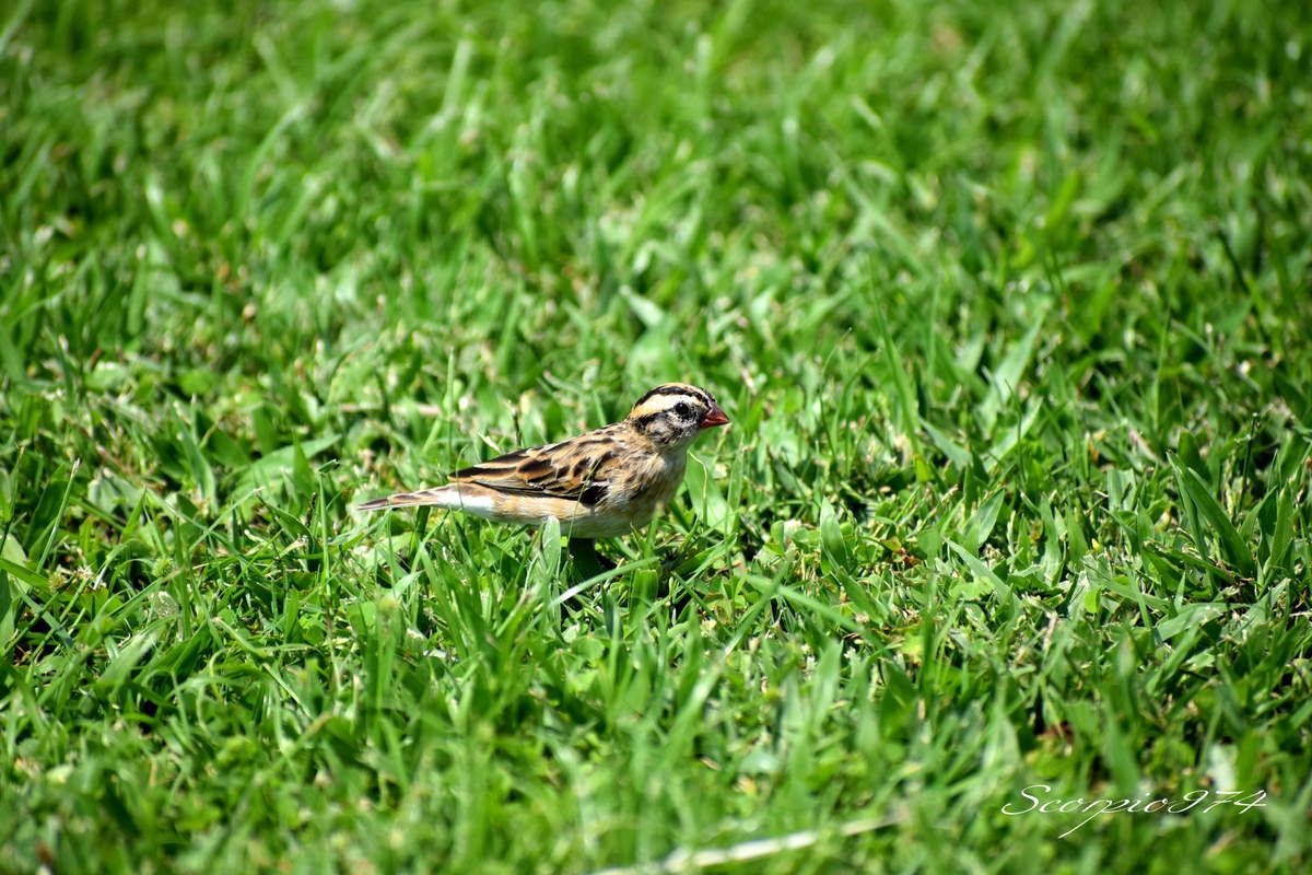 Nature, Nature 974, nature Réunion, nature de la Réunion, nature à la Réunion, faune, faune 974, faune Réunion, faune de la Réunion, faune à la Réunion, oiseau, oiseau 974, oiseau Réunion, oiseau de la Réunion, oiseau à la Réunion, oiseaux, oiseaux 974, oiseaux Réunion, oiseaux de la Réunion, oiseaux à la Réunion, espèce d'oiseau, espèce d'oiseau 974, espèce d'oiseau Réunion, espèce d'oiseau de la Réunion,  espèce d'oiseau à la Réunion, espèce d'oiseau introduit,  espèce d'oiseau introduit 974,  espèce d'oiseau introduit Réunion,  espèce d'oiseau introduit de la Réunion,  espèce d'oiseau introduit à la Réunion, oiseau introduit,  oiseau introduit 974,  oiseau introduit Réunion,  oiseau introduit de la Réunion,  oiseau introduit à la Réunion, oiseaux introduits,  oiseaux introduits 974,  oiseaux introduits Réunion,  oiseaux introduits de la Réunion,  oiseaux introduits à la Réunion, espèces d’oiseaux introduits,  espèces d’oiseaux introduits 974,  espèces d’oiseaux introduits Réunion,  espèces d’oiseaux introduits à la Réunion,  espèces d’oiseaux introduits à la Réunion, introduite  974, introduite  Réunion, introduite  de la Réunion, introduite à la Réunion, espèce introduite, espèce introduite  974,  espèce introduite Réunion,  espèce introduite de la Réunion,  espèce introduite à la Réunion,  espèces introduites,  espèces introduites 974,  espèces introduites Réunion,  espèces introduites de la Réunion,  espèces introduites à la Réunion, introduites,  introduites 974,  introduites Réunion,  introduites de la Réunion,  introduites à la Réunion, oiseau à longue queue introduite 974, oiseau à longue queue introduite Réunion, oiseau à longue queue introduite de la Réunion, oiseau à longue queue introduite à la Réunion, espèce introduite, espèce de oiseau à longue queue introduite 974, espèce de oiseau à longue queue introduite Réunion, espèce de oiseau à longue queue introduite de la Réunion, espèce de oiseau à longue queue introduite à la Réunion, espèces de oiseaux aux ventres blancs et longues queues introduites, espèces de oiseaux aux ventres blancs et longues queues introduites 974, espèces de oiseaux aux ventres blancs et longues queues introduites Réunion, espèces de oiseaux aux ventres blancs et longues queues introduites de la Réunion, espèces de oiseaux aux ventres blancs et longues queues introduites à la Réunion, oiseaux aux ventres blancs et longues queues introduites, oiseaux aux ventres blancs et longues queues introduites 974, oiseaux aux ventres blancs et longues queues introduites Réunion, oiseaux aux ventres blancs et longues queues introduites de la Réunion, oiseaux aux ventres blancs et longues queues introduites à la Réunion, oiseau à longue queue introduite brun 974, oiseau à longue queue introduite brun Réunion, oiseau à longue queue introduite brun de la Réunion, oiseau à longue queue introduite brun à la Réunion, espèce introduite, espèce de oiseau à longue queue introduite brun 974, espèce de oiseau à longue queue introduite brun Réunion, espèce de oiseau à longue queue introduite brun de la Réunion, espèce de oiseau à longue queue introduite brun à la Réunion, espèces de oiseaux aux ventres blancs et longues queues introduites bruns, espèces de oiseaux aux ventres blancs et longues queues introduites bruns 974, espèces de oiseaux aux ventres blancs et longues queues introduites bruns Réunion, espèces de oiseaux aux ventres blancs et longues queues introduites bruns de la Réunion, espèces de oiseaux aux ventres blancs et longues queues introduites bruns à la Réunion, oiseaux aux ventres blancs et longues queues introduites bruns, oiseaux aux ventres blancs et longues queues introduites bruns 974, oiseaux aux ventres blancs et longues queues introduites bruns Réunion, oiseaux aux ventres blancs et longues queues introduites bruns de la Réunion, oiseaux aux ventres blancs et longues queues introduites bruns à la Réunion, oiseau à longue queue petit, oiseau à longue queue petit 974, oiseau à longue queue petit Réunion, oiseau à longue queue petit de la Réunion, oiseau à longue queue petit à la Réunion, oiseaux aux ventres blancs et longues queues petits,  oiseaux aux ventres blancs et longues queues petits 974,  oiseaux aux ventres blancs et longues queues petits Réunion, oiseau au ventre blanc et à longue queue introduite, oiseau au ventre blanc et à longue queue introduite 974, oiseau au ventre blanc et à longue queue introduite Réunion, oiseau au ventre blanc et à longue queue introduite de la Réunion, oiseau au ventre blanc et à longue queue introduite à la Réunion, espèce introduite, espèce de oiseau au ventre blanc et à longue queue introduite 974, espèce de oiseau au ventre blanc et à longue queue introduite Réunion, espèce de oiseau au ventre blanc et à longue queue introduite de la Réunion, espèce de oiseau au ventre blanc et à longue queue introduite à la Réunion, espèces de oiseaux aux ventres blancs et longues queues bruns introduites, espèces de oiseaux aux ventres blancs et longues queues bruns introduites 974, espèces de oiseaux aux ventres blancs et longues queues bruns introduites Réunion, espèces de oiseaux aux ventres blancs et longues queues bruns introduites de la Réunion, espèces de oiseaux aux ventres blancs et longues queues bruns introduites à la Réunion, oiseaux aux ventres blancs et longues queues bruns introduites, oiseaux aux ventres blancs et longues queues bruns introduites 974, oiseaux aux ventres blancs et longues queues bruns introduites Réunion, oiseaux aux ventres blancs et longues queues bruns introduites de la Réunion, oiseaux aux ventres blancs et longues queues bruns introduites à la Réunion, tetrapoda, tetrapoda  974, tetrapoda  Réunion, tetrapoda  de la Réunion, tetrapoda  à la Réunion, lépidoptère, lépidoptère 974, lépidoptère Réunion, lépidoptère de la Réunion, lépidoptère à la Réunion, oiseau à longue queue, oiseau à longue queue 974, oiseau à longue queue Réunion, oiseau à longue queue de la Réunion, oiseau à longue queue à la Réunion, oiseaux aux ventres blancs et longues queues,  oiseaux aux ventres blancs et longues queues 974,  oiseaux aux ventres blancs et longues queues Réunion,  oiseaux aux ventres blancs et longues queues à la Réunion,  oiseaux aux ventres blancs et longues queues de la Réunion, espèce de oiseau à longue queue,  espèce de oiseau à longue queue 974,  espèce de oiseau à longue queue Réunion,  espèce de oiseau à longue queue de la Réunion,  espèce de oiseau à longue queue à la Réunion,  espèce de oiseaux aux ventres blancs et longues queues,  espèce de oiseaux aux ventres blancs et longues queues 974,  espèce de oiseaux aux ventres blancs et longues queues Réunion,  espèce de oiseaux aux ventres blancs et longues queues de la Réunion,  espèce de oiseaux aux ventres blancs et longues queues à la Réunion, espèces de oiseaux aux ventres blancs et longues queues,  espèces de oiseaux aux ventres blancs et longues queues 974,  espèces de oiseaux aux ventres blancs et longues queues Réunion,  espèces de oiseaux aux ventres blancs et longues queues à la Réunion,  espèces de oiseaux aux ventres blancs et longues queues de la Réunion, oiseau au ventre blanc et à longue queue, oiseau au ventre blanc et à longue queue 974, oiseau au ventre blanc et à longue queue Réunion, oiseau au ventre blanc et à longue queue de la Réunion, oiseau au ventre blanc et à longue queue à la Réunion, oiseaux aux ventres blancs et longues queues bruns,  oiseaux aux ventres blancs et longues queues bruns 974,  oiseaux aux ventres blancs et longues queues bruns Réunion,  oiseaux aux ventres blancs et longues queues bruns à la Réunion,  oiseaux aux ventres blancs et longues queues bruns de la Réunion, espèce de oiseau à longue queue,  espèce de oiseau au ventre blanc et à longue queue 974,  espèce de oiseau au ventre blanc et à longue queue Réunion,  espèce de oiseau au ventre blanc et à longue queue de la Réunion,  espèce de oiseau au ventre blanc et à longue queue à la Réunion,  espèce de oiseaux aux ventres blancs et longues queues bruns,  espèce de oiseaux aux ventres blancs et longues queues bruns 974,  espèce de oiseaux aux ventres blancs et longues queues bruns Réunion,  espèce de oiseaux aux ventres blancs et longues queues bruns de la Réunion,  espèce de oiseaux aux ventres blancs et longues queues bruns à la Réunion, espèces de oiseaux aux ventres blancs et longues queues bruns,  espèces de oiseaux aux ventres blancs et longues queues bruns 974,  espèces de oiseaux aux ventres blancs et longues queues bruns Réunion,  espèces de oiseaux aux ventres blancs et longues queues bruns à la Réunion,  espèces de oiseaux aux ventres blancs et longues queues bruns de la Réunion, oiseau à longue queue petit à la Réunion, oiseaux aux ventres blancs et longues queues petits,  oiseaux aux ventres blancs et longues queues petits 974,  oiseaux aux ventres blancs et longues queues petits Réunion,  oiseaux aux ventres blancs et longues queues petits à la Réunion,  oiseaux aux ventres blancs et longues queues petits de la Réunion, espèce de oiseau à longue queue,  espèce de oiseau à longue queue petit 974,  espèce de oiseau à longue queue petit Réunion,  espèce de oiseau à longue queue petit de la Réunion,  espèce de oiseau à longue queue petit à la Réunion,  espèce de oiseaux aux ventres blancs et longues queues petits,  espèce de oiseaux aux ventres blancs et longues queues petits 974,  espèce de oiseaux aux ventres blancs et longues queues petits Réunion,  espèce de oiseaux aux ventres blancs et longues queues petits de la Réunion,  espèce de oiseaux aux ventres blancs et longues queues petits à la Réunion, espèces de oiseaux aux ventres blancs et longues queues petits,  espèces de oiseaux aux ventres blancs et longues queues petits 974,  espèces de oiseaux aux ventres blancs et longues queues petits Réunion,  espèces de oiseaux aux ventres blancs et longues queues petits à la Réunion,  espèces de oiseaux aux ventres blancs et longues queues petits de la Réunion, oiseau à longue queue petit brun, oiseau à longue queue petit brun 974, oiseau à longue queue petit brun Réunion, oiseau à longue queue petit brun de la Réunion, oiseau à longue queue petit brun à la Réunion, oiseaux aux ventres blancs et longues queues petits bruns,  oiseaux aux ventres blancs et longues queues petits bruns 974,  oiseaux aux ventres blancs et longues queues petits bruns Réunion,  oiseaux aux ventres blancs et longues queues petits bruns à la Réunion,  oiseaux aux ventres blancs et longues queues petits bruns de la Réunion, espèce de oiseau à longue queue,  espèce de oiseau à longue queue petit brun 974,  espèce de oiseau à longue queue petit brun Réunion,  espèce de oiseau à longue queue petit brun de la Réunion,  espèce de oiseau à longue queue petit brun à la Réunion,  espèce de oiseaux aux ventres blancs et longues queues petits bruns,  espèce de oiseaux aux ventres blancs et longues queues petits bruns 974,  espèce de oiseaux aux ventres blancs et longues queues petits bruns Réunion,  espèce de oiseaux aux ventres blancs et longues queues petits bruns de la Réunion,  espèce de oiseaux aux ventres blancs et longues queues petits bruns à la Réunion, espèces de oiseaux aux ventres blancs et longues queues petits bruns,  espèces de oiseaux aux ventres blancs et longues queues petits bruns 974,  espèces de oiseaux aux ventres blancs et longues queues petits bruns Réunion,  espèces de oiseaux aux ventres blancs et longues queues petits bruns à la Réunion,  espèces de oiseaux aux ventres blancs et longues queues petits bruns de la Réunion, petit oiseau, petit oiseau 974, petit oiseau Réunion, petit oiseau de la Réunion, petit oiseau à la Réunion, petit oiseau brun, petit oiseau brun 974, petit oiseau brun Réunion, petit oiseau brun de la Réunion, petit oiseau brun à la Réunion, petit oiseau brun, petit oiseau brun 974, petit oiseau brun Réunion, petit oiseau brun de la Réunion, petit oiseau brun à la Réunion, petit oiseau brun, petit oiseau brun 974, petit oiseau brun Réunion, petit oiseau brun de la Réunion, petit oiseau brun à la Réunion, petits oiseaux, petits oiseaux 974, petits oiseaux Réunion, petits oiseaux de la Réunion, petits oiseaux à la Réunion, petits oiseaux bruns, petits oiseaux bruns 974, petits oiseaux bruns Réunion, petits oiseaux bruns de la Réunion, petits oiseaux bruns à la Réunion, petits oiseaux bruns, petits oiseaux bruns 974, petits oiseaux bruns Réunion, petits oiseaux bruns de la Réunion, petits oiseaux bruns à la Réunion, petits oiseaux bruns, petits oiseaux bruns 974, petits oiseaux bruns Réunion, petits oiseaux bruns de la Réunion, petits oiseaux bruns à la Réunion, Aves,  Aves 974,  Aves Réunion,  Aves à la Réunion,  Aves de la Réunion, Passeriformes,  Passeriformes 974,  Passeriformes Réunion,  Passeriformes de la Réunion,  Passeriformes à la Réunion, Ploceoidea,  Ploceoidea 974,  Ploceoidea Réunion,  Ploceoidea à la Réunion,  Ploceoidea de la Réunion, Vidua,  Vidua 974, Vidua Réunion,  Vidua de la Réunion, Vidua à la Réunion, Veuve dominicaine, Veuve dominicaine 974, Veuve dominicaine Réunion, Veuve dominicaine à la Réunion, Veuve dominicaine de la Réunion,  Vidua macroura (Pallas, 1764), Vidua macroura (Pallas, 1764) 974, Vidua macroura (Pallas, 1764) Réunion, Vidua macroura (Pallas, 1764) de la Réunion, Vidua macroura (Pallas, 1764) à la Réunion, Vidua macroura Pallas 1764, Vidua macroura Pallas 1764 974, Vidua macroura Pallas 1764 Réunion, Vidua macroura Pallas 1764 de la Réunion, Vidua macroura Pallas 1764 à la Réunion, Vidua macroura Pallas, Vidua macroura Pallas 974, Vidua macroura Pallas Réunion, Vidua macroura Pallas de la Réunion, Vidua macroura Pallas à la Réunion, Vidua macroura, Vidua macroura 974, Vidua macroura Réunion, Vidua macroura de la Réunion, Vidua macroura à la Réunion, Vidua, Vidua 974, Vidua Réunion, Vidua de la Réunion, Vidua à la Réunion, oiseau à longue queue nocturne, oiseau à longue queue nocturne 974, oiseau à longue queue nocturne Réunion, oiseau à longue queue nocturne de la Réunion, oiseau à longue queue nocturne à la Réunion, oiseau à bec rouge, oiseau à bec rouge 974, oiseau à bec rouge Réunion, oiseau à bec rouge de la Réunion, oiseau à bec rouge à la Réunion, oiseaux à becs rouges, oiseaux à becs rouges 974, oiseaux à becs rouges Réunion, oiseaux à becs rouges de la Réunion, oiseaux à becs rouges à la Réunion, oiseaux à becs orangés, oiseaux à becs orangés 974, oiseaux à becs orangés Réunion, oiseaux à becs orangés de la Réunion, oiseaux à becs orangés à la Réunion, oiseau à bec orangé, oiseau à bec orangé 974, oiseau à bec orangé Réunion, oiseau à bec orangé de la Réunion, oiseau à bec orangé à la Réunion, oiseau à bec orangé, oiseau à bec orangé 974, oiseau à bec orangé Réunion, oiseau à bec orangé de la Réunion, oiseau à bec orangé à la Réunion,   oiseaux à becs orangés,  oiseaux à becs orangés 974,  oiseaux à becs orangés Réunion,  oiseaux à becs orangés à la Réunion,  oiseaux à becs orangés de la Réunion, oiseau brun et blanc,  oiseau brun et blanc 974,  oiseau brun et blanc Réunion,  oiseau brun et blanc de la Réunion,  oiseau brun et blanc à la Réunion,  oiseaux bruns et blancs,  oiseaux bruns et blancs 974,  oiseaux bruns et blancs Réunion,  oiseaux bruns et blancs de la Réunion,  oiseaux bruns et blanc à la Réunion,  oiseau brun et blanc à longue queue, oiseau brun et blanc à longue queue 974, oiseau brun et blanc à longue queue Réunion, oiseau brun et blanc à longue queue de la Réunion, oiseau brun et blancs à longue queue à la Réunion, oiseaux bruns et blancs à longues queues,  oiseaux bruns et blancs à longues queues 974,  oiseaux bruns et blancs à longues queues Réunion,  oiseaux bruns et blancs à longues queues de la Réunion,  oiseaux bruns et blancs à longues queues à la Réunion,  oiseaux bruns et blancs à longues queues bruns,  oiseaux bruns et blancs à longues queues bruns 974,  oiseaux bruns et blancs à longues queues bruns Réunion,  oiseaux bruns et blancs à longues queues bruns de la Réunion,  oiseaux bruns et blancs à longues queues bruns à la Réunion,  oiseau brun et blanc à longue queue brun,  oiseau brun et blanc à longue queue brun 974,  oiseau brun et blanc à longue queue brun Réunion,  oiseau brun et blanc à longue queue brun de la Réunion,  oiseau brun et blanc à longue queue brun à la Réunion,  oiseau brun et blanc à longue queue brun et bec rouge orangé,  oiseau brun et blanc à longue queue brun et bec rouge orangé 974,  oiseau brun et blanc à longue queue brun et bec rouge orangé Réunion,  oiseau brun et blanc à longue queue brun et bec rouge orangé de la Réunion,  oiseau brun et blanc à longue queue brun et bec rouge orangé à la Réunion,  oiseaux bruns et blancs à longues queues bruns et becs rouges orangés,  oiseaux bruns et blancs à longues queues bruns et becs rouges orangés 974,  oiseaux bruns et blancs à longues queues bruns et becs rouges orangés Réunion,  oiseaux bruns et blancs à longues queues bruns et becs rouges orangés de la Réunion,  oiseaux bruns et blancs à longues queues bruns et becs rouges orangés à la Réunion